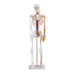 XC-102B 85cm Skeleton with Nerves and Blood Vessels, XC-102B, XC-102B Nerves and Blood Vessels, Xinch Skeleton with Nerves and Blood Vessels, China Skeleton, XC-BLS, XC-BLS Basic life support, BLS manikin (CPR & AED simulator) AED monitor, XC-101, XC-101 Life size skeleton (180 cm) with stand, XC-101 A, XC-101 A Skeleton (180 cm) Muscles & Ligaments, XC-101 E, XC-101 E Skeleton (180 cm) Flexible, XC-101 F, XC-101 F Flexible Skeleton with Ligaments, XC-102, XC-102 Skeleton (85 cm), XC-102 A, XC-102 A Skeleton (85 cm) with Spinal Nerves, XC-102 B, XC-102 B Skeleton (85 cm) with Spinal Nerves & Blood Vessel, XC-102 C, XC-102 C Skeleton (85 cm) with Painted Muscles, XC-102 CN, XC-102 CN Skeleton (85 cm) with Painted Muscles, XC-103, XC-103 Mini Skeleton, XC-104, XC-104 Life size Skull, XC-104 B, XC-104 B Life size Skull Painted, XC-104 C, XC-104 C Life size Skull colored bones, XC-104 D, XC-104 D Deluxe Life size Skull (Style D), XC-104 E, XC-104 E Skull with 8 parts Brain, XC-105, XC-105 Life size Vertebrae Column with Pelvis, XC-105 A, XC-105 A Vertebrae Column with Pelvis & Painted Muscles, XC-105 AN, XC-105 AN Vertebrae Column with Pelvis & Numbered Painted Muscles, XC-105 C, XC-105 C Didactic Flexible Vertebrae Column with Pelvis, XC-106, XC-106 Miniature Plastic Skull, XC-107, XC-107 Life size Vertebral column, XC-107 A, XC-107 A Vertebral column with painted muscles, XC-107 C, XC-107 C Didactic Vertebral column, XC-107 D, XC-107 D Vertebral column disarticulate model, XC-109, XC-109 Life size shoulder joint, XC-109 A, XC-109 A Life size muscled Shoulder joint, XC-110, XC-110 Life size Hip Joint, XC-111, XC-111 Life size Knee Joint, XC-112, XC-112 Life size Elbow Joint, XC-113, XC-113 Life size foot Joint, XC-113 A, XC-113 A Life size foot Joint with Ligaments, XC-114 Life size hand Joint, XC-114 A, XC-114 A Life size hand Joint with Ligaments, XC-115, XC-115 Life size pelvis with 5 pcs Lumber Vertebrae, XC-115 A, XC-115 A Half size pelvis with 5 pcs Lumber Vertebrae, XC-116, XC-116 Lumber set 2 Pcs, XC-117, XC-117 Lumber set 3 Pcs, XC-118, XC-118 Lumber set 4 Pcs, XC-119, XC-119 Life size lumber Vertebrae with sacrum & Coccyx & Herniated, XC-119 A, XC-119 A Mini Lumber Vertebrae with Sacrum & Coccyx & Herniated Disc, XC-120, XC-120 Thoracic Spinal Column, XC-121, XC-121 Life size Upper Extremity, XC-122, XC-122 Life size lower Extremity, XC-123, XC-123 Adult male Pelvis, XC-124, XC-124 Adult Female Pelvis, XC-125, XC-125 Female Pelvic Muscles & Organs, XC-126, XC-126 Life size vertebral clumn with pelvis & Femur head, XC-126A, XC-126A vertebral clumn with pelvis & Femur heads & Painted Muscies, XC-126AN, XC-126AN vertebral clumn with pelvis & Femur heads and numbered Painted Muscies, XC-126 C, XC-126 C Didactic vertebral clumn with pelvis & Femur head, XC-126 D, XC-126 D Flexible vertebral with removable Pelvis & Femur, XC-127, XC-127 Birth Demonstration, XC-128, XC-128 Life size pelvis with 2 Pcs Lumber Vertebrae, XC-130, XC-130 Disarticulated Skeleton with Skull, XC-133, XC-133 Cervical Vertebral Clumn with Nack Artery, XC-134, XC-134 Cutaway Osteoporosis, XC-135, XC-135 Skull with CervicalmSpine, XC-135 E, XC-135 E Skull with Brain and Cervical Spain 8 Parts, XC-201, XC-201 Male Torso (85 cm) 19 Parts, XC-202 A, XC-202 A Male Torso (42 cm) 13 Parts, XC-203, XC-203 Torso (26 cm) 15 Parts, XC-204, XC-204 Unisex Torso (85 cm) 23 Parts, XC-205, XC-205 Unisex Torso (45 cm) 23 Parts, XC-206, XC-206 Sexless Torso (85 cm) 20 Parts, XC-207, XC-207 Sexless Torso (42 cm) 18 Parts, XC-208, XC-208 Unisex Torso (85 cm) 40 Parts, XC-209, XC-209 Unisex Torso (85 cm) 20 Parts, XC-210, XC-210 Unisex Torso (85 cm) 30 Parts, XC-301, XC-301 Magnified Human Lartnx, XC-302, XC-302 Magnified Pulmonary Alveoli, XC-303 A, XC-303 A Giant Ear, XC-303 B, XC-303 B Middle Ear, XC-303 C, XC-303 C New Style Giant Ear, XC-303 D, XC-303 D Desktop Ear, XC-304, XC-304 Brain, XC-304 A, XC-304 A New Style Brain, XC-304 B, XC-304 B Brain, XC-305, XC-305 Expansion of Human Teeth, XC-306, XC-306 Stomach, XC-307, XC-307 Jumbo Heart, XC-307 A, XC-307 A Life size Heart, XC-307 B, XC-307 B New style life size heart, XC-307C, XC-307C New style Jumbo Heart, XC-307 D, XC-307 D Middle Heart, XC-308, XC-308 Brain with Arteries, XC-308 A, XC-308 A Brain with Arterial, XC-308 D, XC-308 D Brain with Arterial 9 Parts, XC-309, XC-309 Anatomy Nasal Cavity, XC-310-1, XC-310-1 Kidney, XC-310-2, XC-310-2 Kidney 2 Parts, XC-310-3, XC-310-3 Kidney with Adrenal Gland, XC-310-4, XC-310-4 Enlarged Kidney, XC-311, XC-311 Liver, Pancreas & Duodenum, XC-312, XC-312 Liver, XC-313, XC-313 Enlarge Skin, XC-313-2, XC-313-2 Skin Block, XC-313-3, XC-313-3 Skin Section, XC-315, XC-315 Digestive System, XC-316, XC-316 Giant Eye, XC-316 A, XC-316 A Giant Eye A, XC-316 B, XC-316 B Eye with Orbit, XC-317, XC-317 Expansion of Urinary Bladder, XC-318, XC-318 Brain with Arteries on Head, XC-318 B, XC-318 B Head with Brain, XC-319, XC-319 Median section of the Head, XC-319 A, XC-319 A Frontal Section & Median Section of the Head, XC-319 B, XC-319 B Frontal section of Head, XC-320, XC-320 Larynx, Heart & Lung, XC-321, XC-321 Lung, XC-321 B, XC-321 B Lung, XC-322, XC-322 Circulatory system, XC-324, XC-324 The Head, XC-325, XC-325 Plam Anatomy, XC-326, XC-326 Normal Flat & Arched Foot, XC-330, XC-330 Transparent Lung Segment, XC-331, XC-331 Male Urogenital system, XC-331 A, XC-331 A Human male Pelvis section Part 1, XC-331 B, XC-331 B Human male Pelvis section Part 2, XC-331 C, XC-331 C Advanced Male internal & external Gental Organs, XC-331 D, XC-331 D Male Gental Organ, XC-332, XC-332 Female Urogenital System, XC-332 A, XC-332 A Female Pelvis section 1 Part, XC-332 B, XC-332 B Female Pelvis section 4 Parts, XC-332 B-1, XC-332 B-1Female Pelvis section 2 Part2, XC-332 C, XC-332 C Advanced Female internal & external Gental Organ, XC-332 D, XC-332 D Female Pelvis, XC-333, XC-333 Urinary system, XC-334, XC-334 Human (80 cm) Muscles Male (27 Parts), XC-335, XC-335 Human Muscles 50 cm 1 Part, XC-336, XC-336 Muscles of human Arm 7 parts, XC-337, XC-337 Muscles of Lower Limb 13 Parts, XC-338, XC-338 Life size human Muscle foot (7 parts), XC-401, XC 401Multifunctional patient care Manikin, XC-401 A, XC-401 A High quality Nurse Trainning Doll (Male), XC-401 A-1, XC-401 A-1 New style High quality Nurse Trainning Doll (Male), XC-401 A-2, XC-401 A-2 Advanced Nurse Trainning Doll (with BP Trainning Arm Male), XC-401 B, XC-401 B High quality Nurse Trainning Doll (Female), XC-401 B-1, XC-401 B-1 New style High quality Nurse Trainning Doll (Female), XC-401 B-2, XC-401 B-2 Advanced Nurse trainning doll (with BP Trainning Arm Female), XC-401 C, XC-401 C Advanced Multifunctional Nursing Trainning Doll, XC-401 D, XC-401 D Advanced Trauma Simulator, XC-401 D-1, XC-401 D-1 Advance Trauma Accessories, XC-401 M, XC-401 M Multifunctional patient care Manikin (Male), XC-402, XC-402 Course of delivery, XC-402 A, XC-402 A Advanced Course of delivery, XC-402 A-1, XC-402 A-1 Delivery Machine, XC-403, XC-403 Dental Care (28 teeth), XC-403 A, XC-403 A Dental Care (32 teeth), XC-403 B, XC-403 B Small Dental Care (28 teeth), XC-403 C, XC-403 C Small Dental Care (32 teeth), XC-403 D, XC-403 D Dental Care with Cheek, XC-404, XC-404 Basic CPR Trainning (half Body), XC-404 A, XC-404 A Half body CPR Trainninf (male), XC-404 B, XC-404 B Half body CPR Trainninf (Female), XC-405, XC-405 Nurse Basic Practice Teaching 5 parts, XC-405 A, XC-405 A Simple male Urethral catheterization simulator, XC-405 B, XC-405 B Simple Female Urethral catheterization simulator, XC-405-2, XC-405-2 Transparent gastric lavage model, XC-406-1, XC-406-1 Whole body basic CPR Manikin style 100 (Male/Female), XC-406-2, XC-406-2 Whole body basic CPR Manikin style 200 (Male/Female), XC-406-5, XC-406-5 Whole body basic CPR Manikin style 500 (Male/Female), XC-406-5 Plus, XC-406-5 Plus New style CPR Trainning Manikin, XC-406A 5 Plus, XC-406A 5 Plus Whole advanced CPR Manikin style 500 (Female), XC-407, XC-407 Human Trachea Intubation, XC-407 A, XC-407 A Advanced Human Trachea Intubation, XC-408, XC-408 Electronic Urinary, XC-408 C, XC-408 C Advanced male Urethral Catheterization simulator, XC-408 D, XC-408 D Advanced female Urethral Catheterization simulator, XC-408 E, XC-408 E Transparant male Urethral Catheterization simulator, XC-408 F, XC-408 F Transparent female Urethral Catheterization simulator, XC-409, XC-409 New Born baby, XC-409 A, XC-409 A New style New Born baby, XC-409A-1, XC-409A-1 New style New Born baby model (Girl), XC-409 B, XC-409 B Advanced New Born care, XC-409 C, XC-409 C Advanced neonate Umbilical cord, XC-409 C-1, XC-409 C-1 Umbilical Cord, XC-409 D, XC-409 D Tracheostomy care infant, XC-409 E, XC-409 E Neonate scalp venipuncture, XC-410, XC-410 New born Intubation, XC-410 A, XC-410 A Infant Intubation trainning, XC-411, XC-411 Gynecological Trainning simulator, XC-412, XC-412 Advanced maternity, XC-414, XC-414 Development process for ferus, XC-414 A, XC-414 A The development process for ferus (half size), XC-416, XC-416 New born CPR Trainning manikin, XC-417, XC-417 Conception Guidance, XC-417 A, XC-417 A Female Contraception Guidance, XC-417 B, XC-417 B Male Condom Simulator (Transparent Base), XC-418, XC-418 Breast Examination, XC-418 B, XC-418 B Lactation Trainning model, Xincheng Scientific Industries Co., Ltd, Xincheng Scientific Model, Xincheng Scientific Human model, Xincheng Scientific Human body models, Models, Charts, Human body charts, China Models, China Chart, XC-BLS price in bd, XC-BLS Basic life support price in bd, BLS manikin (CPR & AED simulator) AED monitor price in bd, XC-101 price in bd, XC-101 Life size skeleton (180 cm) with stand price in bd, XC-101 A price in bd, XC-101 A Skeleton (180 cm) Muscles & Ligaments price in bd, XC-101 E price in bd, XC-101 E Skeleton (180 cm) Flexible price in bd, XC-101 F price in bd, XC-101 F Flexible Skeleton with Ligaments price in bd, XC-102 price in bd, XC-102 Skeleton (85 cm) price in bd, XC-102 A price in bd, XC-102 A Skeleton (85 cm) with Spinal Nerves price in bd, XC-102 B price in bd, XC-102 B Skeleton (85 cm) with Spinal Nerves & Blood Vessel price in bd, XC-102 C price in bd, XC-102 C Skeleton (85 cm) with Painted Muscles price in bd, XC-102 CN price in bd, XC-102 CN Skeleton (85 cm) with Painted Muscles price in bd, XC-103 price in bd, XC-103 Mini Skeleton price in bd, XC-104 price in bd, XC-104 Life size Skull price in bd, XC-104 B price in bd, XC-104 B Life size Skull Painted price in bd, XC-104 C price in bd, XC-104 C Life size Skull colored bones price in bd, XC-104 D price in bd, XC-104 D Deluxe Life size Skull (Style D) price in bd, XC-104 E price in bd, XC-104 E Skull with 8 parts Brain price in bd, XC-105 price in bd, XC-105 Life size Vertebrae Column with Pelvis price in bd, XC-105 A price in bd, XC-105 A Vertebrae Column with Pelvis & Painted Muscles price in bd, XC-105 AN price in bd, XC-105 AN Vertebrae Column with Pelvis & Numbered Painted Muscles price in bd, XC-105 C price in bd, XC-105 C Didactic Flexible Vertebrae Column with Pelvis price in bd, XC-106 price in bd, XC-106 Miniature Plastic Skull price in bd, XC-107 price in bd, XC-107 Life size Vertebral column price in bd, XC-107 A price in bd, XC-107 A Vertebral column with painted muscles price in bd, XC-107 C price in bd, XC-107 C Didactic Vertebral column price in bd, XC-107 D price in bd, XC-107 D Vertebral column disarticulate model price in bd, XC-109 price in bd, XC-109 Life size shoulder joint price in bd, XC-109 A price in bd, XC-109 A Life size muscled Shoulder joint price in bd, XC-110 price in bd, XC-110 Life size Hip Joint price in bd, XC-111 price in bd, XC-111 Life size Knee Joint price in bd, XC-112 price in bd, XC-112 Life size Elbow Joint price in bd, XC-113 price in bd, XC-113 Life size foot Joint price in bd, XC-113 A price in bd, XC-113 A Life size foot Joint with Ligaments price in bd, XC-114 Life size hand Joint price in bd, XC-114 A price in bd, XC-114 A Life size hand Joint with Ligaments price in bd, XC-115 price in bd, XC-115 Life size pelvis with 5 pcs Lumber Vertebrae price in bd, XC-115 A price in bd, XC-115 A Half size pelvis with 5 pcs Lumber Vertebrae price in bd, XC-116 price in bd, XC-116 Lumber set 2 Pcs price in bd, XC-117 price in bd, XC-117 Lumber set 3 Pcs price in bd, XC-118 price in bd, XC-118 Lumber set 4 Pcs price in bd, XC-119 price in bd, XC-119 Life size lumber Vertebrae with sacrum & Coccyx & Herniated price in bd, XC-119 A price in bd, XC-119 A Mini Lumber Vertebrae with Sacrum & Coccyx & Herniated Disc price in bd, XC-120 price in bd, XC-120 Thoracic Spinal Column price in bd, XC-121 price in bd, XC-121 Life size Upper Extremity price in bd, XC-122 price in bd, XC-122 Life size lower Extremity price in bd, XC-123 price in bd, XC-123 Adult male Pelvis price in bd, XC-124 price in bd, XC-124 Adult Female Pelvis price in bd, XC-125 price in bd, XC-125 Female Pelvic Muscles & Organs price in bd, XC-126 price in bd, XC-126 Life size vertebral clumn with pelvis & Femur head price in bd, XC-126A price in bd, XC-126A vertebral clumn with pelvis & Femur heads & Painted Muscies price in bd, XC-126AN price in bd, XC-126AN vertebral clumn with pelvis & Femur heads and numbered Painted Muscies price in bd, XC-126 C price in bd, XC-126 C Didactic vertebral clumn with pelvis & Femur head price in bd, XC-126 D price in bd, XC-126 D Flexible vertebral with removable Pelvis & Femur price in bd, XC-127 price in bd, XC-127 Birth Demonstration price in bd, XC-128 price in bd, XC-128 Life size pelvis with 2 Pcs Lumber Vertebrae price in bd, XC-130 price in bd, XC-130 Disarticulated Skeleton with Skull price in bd, XC-133 price in bd, XC-133 Cervical Vertebral Clumn with Nack Artery price in bd, XC-134 price in bd, XC-134 Cutaway Osteoporosis price in bd, XC-135 price in bd, XC-135 Skull with CervicalmSpine price in bd, XC-135 E price in bd, XC-135 E Skull with Brain and Cervical Spain 8 Parts price in bd, XC-201 price in bd, XC-201 Male Torso (85 cm) 19 Parts price in bd, XC-202 A price in bd, XC-202 A Male Torso (42 cm) 13 Parts price in bd, XC-203 price in bd, XC-203 Torso (26 cm) 15 Parts price in bd, XC-204 price in bd, XC-204 Unisex Torso (85 cm) 23 Parts price in bd, XC-205 price in bd, XC-205 Unisex Torso (45 cm) 23 Parts price in bd, XC-206 price in bd, XC-206 Sexless Torso (85 cm) 20 Parts price in bd, XC-207 price in bd, XC-207 Sexless Torso (42 cm) 18 Parts price in bd, XC-208 price in bd, XC-208 Unisex Torso (85 cm) 40 Parts price in bd, XC-209 price in bd, XC-209 Unisex Torso (85 cm) 20 Parts price in bd, XC-210 price in bd, XC-210 Unisex Torso (85 cm) 30 Parts price in bd, XC-301 price in bd, XC-301 Magnified Human Lartnx price in bd, XC-302 price in bd, XC-302 Magnified Pulmonary Alveoli price in bd, XC-303 A price in bd, XC-303 A Giant Ear price in bd, XC-303 B price in bd, XC-303 B Middle Ear price in bd, XC-303 C price in bd, XC-303 C New Style Giant Ear price in bd, XC-303 D price in bd, XC-303 D Desktop Ear price in bd, XC-304 price in bd, XC-304 Brain price in bd, XC-304 A price in bd, XC-304 A New Style Brain price in bd, XC-304 B price in bd, XC-304 B Brain price in bd, XC-305 price in bd, XC-305 Expansion of Human Teeth price in bd, XC-306 price in bd, XC-306 Stomach price in bd, XC-307 price in bd, XC-307 Jumbo Heart price in bd, XC-307 A price in bd, XC-307 A Life size Heart price in bd, XC-307 B price in bd, XC-307 B New style life size heart price in bd, XC-307C price in bd, XC-307C New style Jumbo Heart price in bd, XC-307 D price in bd, XC-307 D Middle Heart price in bd, XC-308 price in bd, XC-308 Brain with Arteries price in bd, XC-308 A price in bd, XC-308 A Brain with Arterial price in bd, XC-308 D price in bd, XC-308 D Brain with Arterial 9 Parts price in bd, XC-309 price in bd, XC-309 Anatomy Nasal Cavity price in bd, XC-310-1 price in bd, XC-310-1 Kidney price in bd, XC-310-2 price in bd, XC-310-2 Kidney 2 Parts price in bd, XC-310-3 price in bd, XC-310-3 Kidney with Adrenal Gland price in bd, XC-310-4 price in bd, XC-310-4 Enlarged Kidney price in bd, XC-311 price in bd, XC-311 Liver price in bd, Pancreas & Duodenum price in bd, XC-312 price in bd, XC-312 Liver price in bd, XC-313 price in bd, XC-313 Enlarge Skin price in bd, XC-313-2 price in bd, XC-313-2 Skin Block price in bd, XC-313-3 price in bd, XC-313-3 Skin Section price in bd, XC-315 price in bd, XC-315 Digestive System price in bd, XC-316 price in bd, XC-316 Giant Eye price in bd, XC-316 A price in bd, XC-316 A Giant Eye A price in bd, XC-316 B price in bd, XC-316 B Eye with Orbit price in bd, XC-317 price in bd, XC-317 Expansion of Urinary Bladder price in bd, XC-318 price in bd, XC-318 Brain with Arteries on Head price in bd, XC-318 B price in bd, XC-318 B Head with Brain price in bd, XC-319 price in bd, XC-319 Median section of the Head price in bd, XC-319 A price in bd, XC-319 A Frontal Section & Median Section of the Head price in bd, XC-319 B price in bd, XC-319 B Frontal section of Head price in bd, XC-320 price in bd, XC-320 Larynx price in bd, Heart & Lung price in bd, XC-321 price in bd, XC-321 Lung price in bd, XC-321 B price in bd, XC-321 B Lung price in bd, XC-322 price in bd, XC-322 Circulatory system price in bd, XC-324 price in bd, XC-324 The Head price in bd, XC-325 price in bd, XC-325 Plam Anatomy price in bd, XC-326 price in bd, XC-326 Normal Flat & Arched Foot price in bd, XC-330 price in bd, XC-330 Transparent Lung Segment price in bd, XC-331 price in bd, XC-331 Male Urogenital system price in bd, XC-331 A price in bd, XC-331 A Human male Pelvis section Part 1 price in bd, XC-331 B price in bd, XC-331 B Human male Pelvis section Part 2 price in bd, XC-331 C price in bd, XC-331 C Advanced Male internal & external Gental Organs price in bd, XC-331 D price in bd, XC-331 D Male Gental Organ price in bd, XC-332 price in bd, XC-332 Female Urogenital System price in bd, XC-332 A price in bd, XC-332 A Female Pelvis section 1 Part price in bd, XC-332 B price in bd, XC-332 B Female Pelvis section 4 Parts price in bd, XC-332 B-1 price in bd, XC-332 B-1Female Pelvis section 2 Part2 price in bd, XC-332 C price in bd, XC-332 C Advanced Female internal & external Gental Organ price in bd, XC-332 D price in bd, XC-332 D Female Pelvis price in bd, XC-333 price in bd, XC-333 Urinary system price in bd, XC-334 price in bd, XC-334 Human (80 cm) Muscles Male (27 Parts) price in bd, XC-335 price in bd, XC-335 Human Muscles 50 cm 1 Part price in bd, XC-336 price in bd, XC-336 Muscles of human Arm 7 parts price in bd, XC-337 price in bd, XC-337 Muscles of Lower Limb 13 Parts price in bd, XC-338 price in bd, XC-338 Life size human Muscle foot (7 parts) price in bd, XC-401 price in bd, XC 401Multifunctional patient care Manikin price in bd, XC-401 A price in bd, XC-401 A High quality Nurse Trainning Doll (Male) price in bd, XC-401 A-1 price in bd, XC-401 A-1 New style High quality Nurse Trainning Doll (Male) price in bd, XC-401 A-2 price in bd, XC-401 A-2 Advanced Nurse Trainning Doll (with BP Trainning Arm Male) price in bd, XC-401 B price in bd, XC-401 B High quality Nurse Trainning Doll (Female) price in bd, XC-401 B-1 price in bd, XC-401 B-1 New style High quality Nurse Trainning Doll (Female) price in bd, XC-401 B-2 price in bd, XC-401 B-2 Advanced Nurse trainning doll (with BP Trainning Arm Female) price in bd, XC-401 C price in bd, XC-401 C Advanced Multifunctional Nursing Trainning Doll price in bd, XC-401 D price in bd, XC-401 D Advanced Trauma Simulator price in bd, XC-401 D-1 price in bd, XC-401 D-1 Advance Trauma Accessories price in bd, XC-401 M price in bd, XC-401 M Multifunctional patient care Manikin (Male) price in bd, XC-402 price in bd, XC-402 Course of delivery price in bd, XC-402 A price in bd, XC-402 A Advanced Course of delivery price in bd, XC-402 A-1 price in bd, XC-402 A-1 Delivery Machine price in bd, XC-403 price in bd, XC-403 Dental Care (28 teeth) price in bd, XC-403 A price in bd, XC-403 A Dental Care (32 teeth) price in bd, XC-403 B price in bd, XC-403 B Small Dental Care (28 teeth) price in bd, XC-403 C price in bd, XC-403 C Small Dental Care (32 teeth) price in bd, XC-403 D price in bd, XC-403 D Dental Care with Cheek price in bd, XC-404 price in bd, XC-404 Basic CPR Trainning (half Body) price in bd, XC-404 A price in bd, XC-404 A Half body CPR Trainninf (male) price in bd, XC-404 B price in bd, XC-404 B Half body CPR Trainninf (Female) price in bd, XC-405 price in bd, XC-405 Nurse Basic Practice Teaching 5 parts price in bd, XC-405 A price in bd, XC-405 A Simple male Urethral catheterization simulator price in bd, XC-405 B price in bd, XC-405 B Simple Female Urethral catheterization simulator price in bd, XC-405-2 price in bd, XC-405-2 Transparent gastric lavage model price in bd, XC-406-1 price in bd, XC-406-1 Whole body basic CPR Manikin style 100 (Male/Female) price in bd, XC-406-2 price in bd, XC-406-2 Whole body basic CPR Manikin style 200 (Male/Female) price in bd, XC-406-5 price in bd, XC-406-5 Whole body basic CPR Manikin style 500 (Male/Female) price in bd, XC-406-5 Plus price in bd, XC-406-5 Plus New style CPR Trainning Manikin price in bd, XC-406A 5 Plus price in bd, XC-406A 5 Plus Whole advanced CPR Manikin style 500 (Female) price in bd, XC-407 price in bd, XC-407 Human Trachea Intubation price in bd, XC-407 A price in bd, XC-407 A Advanced Human Trachea Intubation price in bd, XC-408 price in bd, XC-408 Electronic Urinary price in bd, XC-408 C price in bd, XC-408 C Advanced male Urethral Catheterization simulator price in bd, XC-408 D price in bd, XC-408 D Advanced female Urethral Catheterization simulator price in bd, XC-408 E price in bd, XC-408 E Transparant male Urethral Catheterization simulator price in bd, XC-408 F price in bd, XC-408 F Transparent female Urethral Catheterization simulator price in bd, XC-409 price in bd, XC-409 New Born baby price in bd, XC-409 A price in bd, XC-409 A New style New Born baby price in bd, XC-409A-1 price in bd, XC-409A-1 New style New Born baby model (Girl) price in bd, XC-409 B price in bd, XC-409 B Advanced New Born care price in bd, XC-409 C price in bd, XC-409 C Advanced neonate Umbilical cord price in bd, XC-409 C-1 price in bd, XC-409 C-1 Umbilical Cord price in bd, XC-409 D price in bd, XC-409 D Tracheostomy care infant price in bd, XC-409 E price in bd, XC-409 E Neonate scalp venipuncture price in bd, XC-410 price in bd, XC-410 New born Intubation price in bd, XC-410 A price in bd, XC-410 A Infant Intubation trainning price in bd, XC-411 price in bd, XC-411 Gynecological Trainning simulator price in bd, XC-412 price in bd, XC-412 Advanced maternity price in bd, XC-414 price in bd, XC-414 Development process for ferus price in bd, XC-414 A price in bd, XC-414 A The development process for ferus (half size) price in bd, XC-416 price in bd, XC-416 New born CPR Trainning manikin price in bd, XC-417 price in bd, XC-417 Conception Guidance price in bd, XC-417 A price in bd, XC-417 A Female Contraception Guidance price in bd, XC-417 B price in bd, XC-417 B Male Condom Simulator (Transparent Base) price in bd, XC-418 price in bd, XC-418 Breast Examination price in bd, XC-418 B price in bd, XC-418 B Lactation Trainning model price in bd, XC-BLS saler in bd, XC-BLS Basic life support saler in bd, BLS manikin (CPR & AED simulator) AED monitor saler in bd, XC-101 saler in bd, XC-101 Life size skeleton (180 cm) with stand saler in bd, XC-101 A saler in bd, XC-101 A Skeleton (180 cm) Muscles & Ligaments saler in bd, XC-101 E saler in bd, XC-101 E Skeleton (180 cm) Flexible saler in bd, XC-101 F saler in bd, XC-101 F Flexible Skeleton with Ligaments saler in bd, XC-102 saler in bd, XC-102 Skeleton (85 cm) saler in bd, XC-102 A saler in bd, XC-102 A Skeleton (85 cm) with Spinal Nerves saler in bd, XC-102 B saler in bd, XC-102 B Skeleton (85 cm) with Spinal Nerves & Blood Vessel saler in bd, XC-102 C saler in bd, XC-102 C Skeleton (85 cm) with Painted Muscles saler in bd, XC-102 CN saler in bd, XC-102 CN Skeleton (85 cm) with Painted Muscles saler in bd, XC-103 saler in bd, XC-103 Mini Skeleton saler in bd, XC-104 saler in bd, XC-104 Life size Skull saler in bd, XC-104 B saler in bd, XC-104 B Life size Skull Painted saler in bd, XC-104 C saler in bd, XC-104 C Life size Skull colored bones saler in bd, XC-104 D saler in bd, XC-104 D Deluxe Life size Skull (Style D) saler in bd, XC-104 E saler in bd, XC-104 E Skull with 8 parts Brain saler in bd, XC-105 saler in bd, XC-105 Life size Vertebrae Column with Pelvis saler in bd, XC-105 A saler in bd, XC-105 A Vertebrae Column with Pelvis & Painted Muscles saler in bd, XC-105 AN saler in bd, XC-105 AN Vertebrae Column with Pelvis & Numbered Painted Muscles saler in bd, XC-105 C saler in bd, XC-105 C Didactic Flexible Vertebrae Column with Pelvis saler in bd, XC-106 saler in bd, XC-106 Miniature Plastic Skull saler in bd, XC-107 saler in bd, XC-107 Life size Vertebral column saler in bd, XC-107 A saler in bd, XC-107 A Vertebral column with painted muscles saler in bd, XC-107 C saler in bd, XC-107 C Didactic Vertebral column saler in bd, XC-107 D saler in bd, XC-107 D Vertebral column disarticulate model saler in bd, XC-109 saler in bd, XC-109 Life size shoulder joint saler in bd, XC-109 A saler in bd, XC-109 A Life size muscled Shoulder joint saler in bd, XC-110 saler in bd, XC-110 Life size Hip Joint saler in bd, XC-111 saler in bd, XC-111 Life size Knee Joint saler in bd, XC-112 saler in bd, XC-112 Life size Elbow Joint saler in bd, XC-113 saler in bd, XC-113 Life size foot Joint saler in bd, XC-113 A saler in bd, XC-113 A Life size foot Joint with Ligaments saler in bd, XC-114 Life size hand Joint saler in bd, XC-114 A saler in bd, XC-114 A Life size hand Joint with Ligaments saler in bd, XC-115 saler in bd, XC-115 Life size pelvis with 5 pcs Lumber Vertebrae saler in bd, XC-115 A saler in bd, XC-115 A Half size pelvis with 5 pcs Lumber Vertebrae saler in bd, XC-116 saler in bd, XC-116 Lumber set 2 Pcs saler in bd, XC-117 saler in bd, XC-117 Lumber set 3 Pcs saler in bd, XC-118 saler in bd, XC-118 Lumber set 4 Pcs saler in bd, XC-119 saler in bd, XC-119 Life size lumber Vertebrae with sacrum & Coccyx & Herniated saler in bd, XC-119 A saler in bd, XC-119 A Mini Lumber Vertebrae with Sacrum & Coccyx & Herniated Disc saler in bd, XC-120 saler in bd, XC-120 Thoracic Spinal Column saler in bd, XC-121 saler in bd, XC-121 Life size Upper Extremity saler in bd, XC-122 saler in bd, XC-122 Life size lower Extremity saler in bd, XC-123 saler in bd, XC-123 Adult male Pelvis saler in bd, XC-124 saler in bd, XC-124 Adult Female Pelvis saler in bd, XC-125 saler in bd, XC-125 Female Pelvic Muscles & Organs saler in bd, XC-126 saler in bd, XC-126 Life size vertebral clumn with pelvis & Femur head saler in bd, XC-126A saler in bd, XC-126A vertebral clumn with pelvis & Femur heads & Painted Muscies saler in bd, XC-126AN saler in bd, XC-126AN vertebral clumn with pelvis & Femur heads and numbered Painted Muscies saler in bd, XC-126 C saler in bd, XC-126 C Didactic vertebral clumn with pelvis & Femur head saler in bd, XC-126 D saler in bd, XC-126 D Flexible vertebral with removable Pelvis & Femur saler in bd, XC-127 saler in bd, XC-127 Birth Demonstration saler in bd, XC-128 saler in bd, XC-128 Life size pelvis with 2 Pcs Lumber Vertebrae saler in bd, XC-130 saler in bd, XC-130 Disarticulated Skeleton with Skull saler in bd, XC-133 saler in bd, XC-133 Cervical Vertebral Clumn with Nack Artery saler in bd, XC-134 saler in bd, XC-134 Cutaway Osteoporosis saler in bd, XC-135 saler in bd, XC-135 Skull with CervicalmSpine saler in bd, XC-135 E saler in bd, XC-135 E Skull with Brain and Cervical Spain 8 Parts saler in bd, XC-201 saler in bd, XC-201 Male Torso (85 cm) 19 Parts saler in bd, XC-202 A saler in bd, XC-202 A Male Torso (42 cm) 13 Parts saler in bd, XC-203 saler in bd, XC-203 Torso (26 cm) 15 Parts saler in bd, XC-204 saler in bd, XC-204 Unisex Torso (85 cm) 23 Parts saler in bd, XC-205 saler in bd, XC-205 Unisex Torso (45 cm) 23 Parts saler in bd, XC-206 saler in bd, XC-206 Sexless Torso (85 cm) 20 Parts saler in bd, XC-207 saler in bd, XC-207 Sexless Torso (42 cm) 18 Parts saler in bd, XC-208 saler in bd, XC-208 Unisex Torso (85 cm) 40 Parts saler in bd, XC-209 saler in bd, XC-209 Unisex Torso (85 cm) 20 Parts saler in bd, XC-210 saler in bd, XC-210 Unisex Torso (85 cm) 30 Parts saler in bd, XC-301 saler in bd, XC-301 Magnified Human Lartnx saler in bd, XC-302 saler in bd, XC-302 Magnified Pulmonary Alveoli saler in bd, XC-303 A saler in bd, XC-303 A Giant Ear saler in bd, XC-303 B saler in bd, XC-303 B Middle Ear saler in bd, XC-303 C saler in bd, XC-303 C New Style Giant Ear saler in bd, XC-303 D saler in bd, XC-303 D Desktop Ear saler in bd, XC-304 saler in bd, XC-304 Brain saler in bd, XC-304 A saler in bd, XC-304 A New Style Brain saler in bd, XC-304 B saler in bd, XC-304 B Brain saler in bd, XC-305 saler in bd, XC-305 Expansion of Human Teeth saler in bd, XC-306 saler in bd, XC-306 Stomach saler in bd, XC-307 saler in bd, XC-307 Jumbo Heart saler in bd, XC-307 A saler in bd, XC-307 A Life size Heart saler in bd, XC-307 B saler in bd, XC-307 B New style life size heart saler in bd, XC-307C saler in bd, XC-307C New style Jumbo Heart saler in bd, XC-307 D saler in bd, XC-307 D Middle Heart saler in bd, XC-308 saler in bd, XC-308 Brain with Arteries saler in bd, XC-308 A saler in bd, XC-308 A Brain with Arterial saler in bd, XC-308 D saler in bd, XC-308 D Brain with Arterial 9 Parts saler in bd, XC-309 saler in bd, XC-309 Anatomy Nasal Cavity saler in bd, XC-310-1 saler in bd, XC-310-1 Kidney saler in bd, XC-310-2 saler in bd, XC-310-2 Kidney 2 Parts saler in bd, XC-310-3 saler in bd, XC-310-3 Kidney with Adrenal Gland saler in bd, XC-310-4 saler in bd, XC-310-4 Enlarged Kidney saler in bd, XC-311 saler in bd, XC-311 Liver saler in bd, Pancreas & Duodenum saler in bd, XC-312 saler in bd, XC-312 Liver saler in bd, XC-313 saler in bd, XC-313 Enlarge Skin saler in bd, XC-313-2 saler in bd, XC-313-2 Skin Block saler in bd, XC-313-3 saler in bd, XC-313-3 Skin Section saler in bd, XC-315 saler in bd, XC-315 Digestive System saler in bd, XC-316 saler in bd, XC-316 Giant Eye saler in bd, XC-316 A saler in bd, XC-316 A Giant Eye A saler in bd, XC-316 B saler in bd, XC-316 B Eye with Orbit saler in bd, XC-317 saler in bd, XC-317 Expansion of Urinary Bladder saler in bd, XC-318 saler in bd, XC-318 Brain with Arteries on Head saler in bd, XC-318 B saler in bd, XC-318 B Head with Brain saler in bd, XC-319 saler in bd, XC-319 Median section of the Head saler in bd, XC-319 A saler in bd, XC-319 A Frontal Section & Median Section of the Head saler in bd, XC-319 B saler in bd, XC-319 B Frontal section of Head saler in bd, XC-320 saler in bd, XC-320 Larynx saler in bd, Heart & Lung saler in bd, XC-321 saler in bd, XC-321 Lung saler in bd, XC-321 B saler in bd, XC-321 B Lung saler in bd, XC-322 saler in bd, XC-322 Circulatory system saler in bd, XC-324 saler in bd, XC-324 The Head saler in bd, XC-325 saler in bd, XC-325 Plam Anatomy saler in bd, XC-326 saler in bd, XC-326 Normal Flat & Arched Foot saler in bd, XC-330 saler in bd, XC-330 Transparent Lung Segment saler in bd, XC-331 saler in bd, XC-331 Male Urogenital system saler in bd, XC-331 A saler in bd, XC-331 A Human male Pelvis section Part 1 saler in bd, XC-331 B saler in bd, XC-331 B Human male Pelvis section Part 2 saler in bd, XC-331 C saler in bd, XC-331 C Advanced Male internal & external Gental Organs saler in bd, XC-331 D saler in bd, XC-331 D Male Gental Organ saler in bd, XC-332 saler in bd, XC-332 Female Urogenital System saler in bd, XC-332 A saler in bd, XC-332 A Female Pelvis section 1 Part saler in bd, XC-332 B saler in bd, XC-332 B Female Pelvis section 4 Parts saler in bd, XC-332 B-1 saler in bd, XC-332 B-1Female Pelvis section 2 Part2 saler in bd, XC-332 C saler in bd, XC-332 C Advanced Female internal & external Gental Organ saler in bd, XC-332 D saler in bd, XC-332 D Female Pelvis saler in bd, XC-333 saler in bd, XC-333 Urinary system saler in bd, XC-334 saler in bd, XC-334 Human (80 cm) Muscles Male (27 Parts) saler in bd, XC-335 saler in bd, XC-335 Human Muscles 50 cm 1 Part saler in bd, XC-336 saler in bd, XC-336 Muscles of human Arm 7 parts saler in bd, XC-337 saler in bd, XC-337 Muscles of Lower Limb 13 Parts saler in bd, XC-338 saler in bd, XC-338 Life size human Muscle foot (7 parts) saler in bd, XC-401 saler in bd, XC 401Multifunctional patient care Manikin saler in bd, XC-401 A saler in bd, XC-401 A High quality Nurse Trainning Doll (Male) saler in bd, XC-401 A-1 saler in bd, XC-401 A-1 New style High quality Nurse Trainning Doll (Male) saler in bd, XC-401 A-2 saler in bd, XC-401 A-2 Advanced Nurse Trainning Doll (with BP Trainning Arm Male) saler in bd, XC-401 B saler in bd, XC-401 B High quality Nurse Trainning Doll (Female) saler in bd, XC-401 B-1 saler in bd, XC-401 B-1 New style High quality Nurse Trainning Doll (Female) saler in bd, XC-401 B-2 saler in bd, XC-401 B-2 Advanced Nurse trainning doll (with BP Trainning Arm Female) saler in bd, XC-401 C saler in bd, XC-401 C Advanced Multifunctional Nursing Trainning Doll saler in bd, XC-401 D saler in bd, XC-401 D Advanced Trauma Simulator saler in bd, XC-401 D-1 saler in bd, XC-401 D-1 Advance Trauma Accessories saler in bd, XC-401 M saler in bd, XC-401 M Multifunctional patient care Manikin (Male) saler in bd, XC-402 saler in bd, XC-402 Course of delivery saler in bd, XC-402 A saler in bd, XC-402 A Advanced Course of delivery saler in bd, XC-402 A-1 saler in bd, XC-402 A-1 Delivery Machine saler in bd, XC-403 saler in bd, XC-403 Dental Care (28 teeth) saler in bd, XC-403 A saler in bd, XC-403 A Dental Care (32 teeth) saler in bd, XC-403 B saler in bd, XC-403 B Small Dental Care (28 teeth) saler in bd, XC-403 C saler in bd, XC-403 C Small Dental Care (32 teeth) saler in bd, XC-403 D saler in bd, XC-403 D Dental Care with Cheek saler in bd, XC-404 saler in bd, XC-404 Basic CPR Trainning (half Body) saler in bd, XC-404 A saler in bd, XC-404 A Half body CPR Trainninf (male) saler in bd, XC-404 B saler in bd, XC-404 B Half body CPR Trainninf (Female) saler in bd, XC-405 saler in bd, XC-405 Nurse Basic Practice Teaching 5 parts saler in bd, XC-405 A saler in bd, XC-405 A Simple male Urethral catheterization simulator saler in bd, XC-405 B saler in bd, XC-405 B Simple Female Urethral catheterization simulator saler in bd, XC-405-2 saler in bd, XC-405-2 Transparent gastric lavage model saler in bd, XC-406-1 saler in bd, XC-406-1 Whole body basic CPR Manikin style 100 (Male/Female) saler in bd, XC-406-2 saler in bd, XC-406-2 Whole body basic CPR Manikin style 200 (Male/Female) saler in bd, XC-406-5 saler in bd, XC-406-5 Whole body basic CPR Manikin style 500 (Male/Female) saler in bd, XC-406-5 Plus saler in bd, XC-406-5 Plus New style CPR Trainning Manikin saler in bd, XC-406A 5 Plus saler in bd, XC-406A 5 Plus Whole advanced CPR Manikin style 500 (Female) saler in bd, XC-407 saler in bd, XC-407 Human Trachea Intubation saler in bd, XC-407 A saler in bd, XC-407 A Advanced Human Trachea Intubation saler in bd, XC-408 saler in bd, XC-408 Electronic Urinary saler in bd, XC-408 C saler in bd, XC-408 C Advanced male Urethral Catheterization simulator saler in bd, XC-408 D saler in bd, XC-408 D Advanced female Urethral Catheterization simulator saler in bd, XC-408 E saler in bd, XC-408 E Transparant male Urethral Catheterization simulator saler in bd, XC-408 F saler in bd, XC-408 F Transparent female Urethral Catheterization simulator saler in bd, XC-409 saler in bd, XC-409 New Born baby saler in bd, XC-409 A saler in bd, XC-409 A New style New Born baby saler in bd, XC-409A-1 saler in bd, XC-409A-1 New style New Born baby model (Girl) saler in bd, XC-409 B saler in bd, XC-409 B Advanced New Born care saler in bd, XC-409 C saler in bd, XC-409 C Advanced neonate Umbilical cord saler in bd, XC-409 C-1 saler in bd, XC-409 C-1 Umbilical Cord saler in bd, XC-409 D saler in bd, XC-409 D Tracheostomy care infant saler in bd, XC-409 E saler in bd, XC-409 E Neonate scalp venipuncture saler in bd, XC-410 saler in bd, XC-410 New born Intubation saler in bd, XC-410 A saler in bd, XC-410 A Infant Intubation trainning saler in bd, XC-411 saler in bd, XC-411 Gynecological Trainning simulator saler in bd, XC-412 saler in bd, XC-412 Advanced maternity saler in bd, XC-414 saler in bd, XC-414 Development process for ferus saler in bd, XC-414 A saler in bd, XC-414 A The development process for ferus (half size) saler in bd, XC-416 saler in bd, XC-416 New born CPR Trainning manikin saler in bd, XC-417 saler in bd, XC-417 Conception Guidance saler in bd, XC-417 A saler in bd, XC-417 A Female Contraception Guidance saler in bd, XC-417 B saler in bd, XC-417 B Male Condom Simulator (Transparent Base) saler in bd, XC-418 saler in bd, XC-418 Breast Examination saler in bd, XC-418 B saler in bd, XC-418 B Lactation Trainning model saler in bd, XC-BLS seller in bd, XC-BLS Basic life support seller in bd, BLS manikin (CPR & AED simulator) AED monitor seller in bd, XC-101 seller in bd, XC-101 Life size skeleton (180 cm) with stand seller in bd, XC-101 A seller in bd, XC-101 A Skeleton (180 cm) Muscles & Ligaments seller in bd, XC-101 E seller in bd, XC-101 E Skeleton (180 cm) Flexible seller in bd, XC-101 F seller in bd, XC-101 F Flexible Skeleton with Ligaments seller in bd, XC-102 seller in bd, XC-102 Skeleton (85 cm) seller in bd, XC-102 A seller in bd, XC-102 A Skeleton (85 cm) with Spinal Nerves seller in bd, XC-102 B seller in bd, XC-102 B Skeleton (85 cm) with Spinal Nerves & Blood Vessel seller in bd, XC-102 C seller in bd, XC-102 C Skeleton (85 cm) with Painted Muscles seller in bd, XC-102 CN seller in bd, XC-102 CN Skeleton (85 cm) with Painted Muscles seller in bd, XC-103 seller in bd, XC-103 Mini Skeleton seller in bd, XC-104 seller in bd, XC-104 Life size Skull seller in bd, XC-104 B seller in bd, XC-104 B Life size Skull Painted seller in bd, XC-104 C seller in bd, XC-104 C Life size Skull colored bones seller in bd, XC-104 D seller in bd, XC-104 D Deluxe Life size Skull (Style D) seller in bd, XC-104 E seller in bd, XC-104 E Skull with 8 parts Brain seller in bd, XC-105 seller in bd, XC-105 Life size Vertebrae Column with Pelvis seller in bd, XC-105 A seller in bd, XC-105 A Vertebrae Column with Pelvis & Painted Muscles seller in bd, XC-105 AN seller in bd, XC-105 AN Vertebrae Column with Pelvis & Numbered Painted Muscles seller in bd, XC-105 C seller in bd, XC-105 C Didactic Flexible Vertebrae Column with Pelvis seller in bd, XC-106 seller in bd, XC-106 Miniature Plastic Skull seller in bd, XC-107 seller in bd, XC-107 Life size Vertebral column seller in bd, XC-107 A seller in bd, XC-107 A Vertebral column with painted muscles seller in bd, XC-107 C seller in bd, XC-107 C Didactic Vertebral column seller in bd, XC-107 D seller in bd, XC-107 D Vertebral column disarticulate model seller in bd, XC-109 seller in bd, XC-109 Life size shoulder joint seller in bd, XC-109 A seller in bd, XC-109 A Life size muscled Shoulder joint seller in bd, XC-110 seller in bd, XC-110 Life size Hip Joint seller in bd, XC-111 seller in bd, XC-111 Life size Knee Joint seller in bd, XC-112 seller in bd, XC-112 Life size Elbow Joint seller in bd, XC-113 seller in bd, XC-113 Life size foot Joint seller in bd, XC-113 A seller in bd, XC-113 A Life size foot Joint with Ligaments seller in bd, XC-114 Life size hand Joint seller in bd, XC-114 A seller in bd, XC-114 A Life size hand Joint with Ligaments seller in bd, XC-115 seller in bd, XC-115 Life size pelvis with 5 pcs Lumber Vertebrae seller in bd, XC-115 A seller in bd, XC-115 A Half size pelvis with 5 pcs Lumber Vertebrae seller in bd, XC-116 seller in bd, XC-116 Lumber set 2 Pcs seller in bd, XC-117 seller in bd, XC-117 Lumber set 3 Pcs seller in bd, XC-118 seller in bd, XC-118 Lumber set 4 Pcs seller in bd, XC-119 seller in bd, XC-119 Life size lumber Vertebrae with sacrum & Coccyx & Herniated seller in bd, XC-119 A seller in bd, XC-119 A Mini Lumber Vertebrae with Sacrum & Coccyx & Herniated Disc seller in bd, XC-120 seller in bd, XC-120 Thoracic Spinal Column seller in bd, XC-121 seller in bd, XC-121 Life size Upper Extremity seller in bd, XC-122 seller in bd, XC-122 Life size lower Extremity seller in bd, XC-123 seller in bd, XC-123 Adult male Pelvis seller in bd, XC-124 seller in bd, XC-124 Adult Female Pelvis seller in bd, XC-125 seller in bd, XC-125 Female Pelvic Muscles & Organs seller in bd, XC-126 seller in bd, XC-126 Life size vertebral clumn with pelvis & Femur head seller in bd, XC-126A seller in bd, XC-126A vertebral clumn with pelvis & Femur heads & Painted Muscies seller in bd, XC-126AN seller in bd, XC-126AN vertebral clumn with pelvis & Femur heads and numbered Painted Muscies seller in bd, XC-126 C seller in bd, XC-126 C Didactic vertebral clumn with pelvis & Femur head seller in bd, XC-126 D seller in bd, XC-126 D Flexible vertebral with removable Pelvis & Femur seller in bd, XC-127 seller in bd, XC-127 Birth Demonstration seller in bd, XC-128 seller in bd, XC-128 Life size pelvis with 2 Pcs Lumber Vertebrae seller in bd, XC-130 seller in bd, XC-130 Disarticulated Skeleton with Skull seller in bd, XC-133 seller in bd, XC-133 Cervical Vertebral Clumn with Nack Artery seller in bd, XC-134 seller in bd, XC-134 Cutaway Osteoporosis seller in bd, XC-135 seller in bd, XC-135 Skull with CervicalmSpine seller in bd, XC-135 E seller in bd, XC-135 E Skull with Brain and Cervical Spain 8 Parts seller in bd, XC-201 seller in bd, XC-201 Male Torso (85 cm) 19 Parts seller in bd, XC-202 A seller in bd, XC-202 A Male Torso (42 cm) 13 Parts seller in bd, XC-203 seller in bd, XC-203 Torso (26 cm) 15 Parts seller in bd, XC-204 seller in bd, XC-204 Unisex Torso (85 cm) 23 Parts seller in bd, XC-205 seller in bd, XC-205 Unisex Torso (45 cm) 23 Parts seller in bd, XC-206 seller in bd, XC-206 Sexless Torso (85 cm) 20 Parts seller in bd, XC-207 seller in bd, XC-207 Sexless Torso (42 cm) 18 Parts seller in bd, XC-208 seller in bd, XC-208 Unisex Torso (85 cm) 40 Parts seller in bd, XC-209 seller in bd, XC-209 Unisex Torso (85 cm) 20 Parts seller in bd, XC-210 seller in bd, XC-210 Unisex Torso (85 cm) 30 Parts seller in bd, XC-301 seller in bd, XC-301 Magnified Human Lartnx seller in bd, XC-302 seller in bd, XC-302 Magnified Pulmonary Alveoli seller in bd, XC-303 A seller in bd, XC-303 A Giant Ear seller in bd, XC-303 B seller in bd, XC-303 B Middle Ear seller in bd, XC-303 C seller in bd, XC-303 C New Style Giant Ear seller in bd, XC-303 D seller in bd, XC-303 D Desktop Ear seller in bd, XC-304 seller in bd, XC-304 Brain seller in bd, XC-304 A seller in bd, XC-304 A New Style Brain seller in bd, XC-304 B seller in bd, XC-304 B Brain seller in bd, XC-305 seller in bd, XC-305 Expansion of Human Teeth seller in bd, XC-306 seller in bd, XC-306 Stomach seller in bd, XC-307 seller in bd, XC-307 Jumbo Heart seller in bd, XC-307 A seller in bd, XC-307 A Life size Heart seller in bd, XC-307 B seller in bd, XC-307 B New style life size heart seller in bd, XC-307C seller in bd, XC-307C New style Jumbo Heart seller in bd, XC-307 D seller in bd, XC-307 D Middle Heart seller in bd, XC-308 seller in bd, XC-308 Brain with Arteries seller in bd, XC-308 A seller in bd, XC-308 A Brain with Arterial seller in bd, XC-308 D seller in bd, XC-308 D Brain with Arterial 9 Parts seller in bd, XC-309 seller in bd, XC-309 Anatomy Nasal Cavity seller in bd, XC-310-1 seller in bd, XC-310-1 Kidney seller in bd, XC-310-2 seller in bd, XC-310-2 Kidney 2 Parts seller in bd, XC-310-3 seller in bd, XC-310-3 Kidney with Adrenal Gland seller in bd, XC-310-4 seller in bd, XC-310-4 Enlarged Kidney seller in bd, XC-311 seller in bd, XC-311 Liver seller in bd, Pancreas & Duodenum seller in bd, XC-312 seller in bd, XC-312 Liver seller in bd, XC-313 seller in bd, XC-313 Enlarge Skin seller in bd, XC-313-2 seller in bd, XC-313-2 Skin Block seller in bd, XC-313-3 seller in bd, XC-313-3 Skin Section seller in bd, XC-315 seller in bd, XC-315 Digestive System seller in bd, XC-316 seller in bd, XC-316 Giant Eye seller in bd, XC-316 A seller in bd, XC-316 A Giant Eye A seller in bd, XC-316 B seller in bd, XC-316 B Eye with Orbit seller in bd, XC-317 seller in bd, XC-317 Expansion of Urinary Bladder seller in bd, XC-318 seller in bd, XC-318 Brain with Arteries on Head seller in bd, XC-318 B seller in bd, XC-318 B Head with Brain seller in bd, XC-319 seller in bd, XC-319 Median section of the Head seller in bd, XC-319 A seller in bd, XC-319 A Frontal Section & Median Section of the Head seller in bd, XC-319 B seller in bd, XC-319 B Frontal section of Head seller in bd, XC-320 seller in bd, XC-320 Larynx seller in bd, Heart & Lung seller in bd, XC-321 seller in bd, XC-321 Lung seller in bd, XC-321 B seller in bd, XC-321 B Lung seller in bd, XC-322 seller in bd, XC-322 Circulatory system seller in bd, XC-324 seller in bd, XC-324 The Head seller in bd, XC-325 seller in bd, XC-325 Plam Anatomy seller in bd, XC-326 seller in bd, XC-326 Normal Flat & Arched Foot seller in bd, XC-330 seller in bd, XC-330 Transparent Lung Segment seller in bd, XC-331 seller in bd, XC-331 Male Urogenital system seller in bd, XC-331 A seller in bd, XC-331 A Human male Pelvis section Part 1 seller in bd, XC-331 B seller in bd, XC-331 B Human male Pelvis section Part 2 seller in bd, XC-331 C seller in bd, XC-331 C Advanced Male internal & external Gental Organs seller in bd, XC-331 D seller in bd, XC-331 D Male Gental Organ seller in bd, XC-332 seller in bd, XC-332 Female Urogenital System seller in bd, XC-332 A seller in bd, XC-332 A Female Pelvis section 1 Part seller in bd, XC-332 B seller in bd, XC-332 B Female Pelvis section 4 Parts seller in bd, XC-332 B-1 seller in bd, XC-332 B-1Female Pelvis section 2 Part2 seller in bd, XC-332 C seller in bd, XC-332 C Advanced Female internal & external Gental Organ seller in bd, XC-332 D seller in bd, XC-332 D Female Pelvis seller in bd, XC-333 seller in bd, XC-333 Urinary system seller in bd, XC-334 seller in bd, XC-334 Human (80 cm) Muscles Male (27 Parts) seller in bd, XC-335 seller in bd, XC-335 Human Muscles 50 cm 1 Part seller in bd, XC-336 seller in bd, XC-336 Muscles of human Arm 7 parts seller in bd, XC-337 seller in bd, XC-337 Muscles of Lower Limb 13 Parts seller in bd, XC-338 seller in bd, XC-338 Life size human Muscle foot (7 parts) seller in bd, XC-401 seller in bd, XC 401Multifunctional patient care Manikin seller in bd, XC-401 A seller in bd, XC-401 A High quality Nurse Trainning Doll (Male) seller in bd, XC-401 A-1 seller in bd, XC-401 A-1 New style High quality Nurse Trainning Doll (Male) seller in bd, XC-401 A-2 seller in bd, XC-401 A-2 Advanced Nurse Trainning Doll (with BP Trainning Arm Male) seller in bd, XC-401 B seller in bd, XC-401 B High quality Nurse Trainning Doll (Female) seller in bd, XC-401 B-1 seller in bd, XC-401 B-1 New style High quality Nurse Trainning Doll (Female) seller in bd, XC-401 B-2 seller in bd, XC-401 B-2 Advanced Nurse trainning doll (with BP Trainning Arm Female) seller in bd, XC-401 C seller in bd, XC-401 C Advanced Multifunctional Nursing Trainning Doll seller in bd, XC-401 D seller in bd, XC-401 D Advanced Trauma Simulator seller in bd, XC-401 D-1 seller in bd, XC-401 D-1 Advance Trauma Accessories seller in bd, XC-401 M seller in bd, XC-401 M Multifunctional patient care Manikin (Male) seller in bd, XC-402 seller in bd, XC-402 Course of delivery seller in bd, XC-402 A seller in bd, XC-402 A Advanced Course of delivery seller in bd, XC-402 A-1 seller in bd, XC-402 A-1 Delivery Machine seller in bd, XC-403 seller in bd, XC-403 Dental Care (28 teeth) seller in bd, XC-403 A seller in bd, XC-403 A Dental Care (32 teeth) seller in bd, XC-403 B seller in bd, XC-403 B Small Dental Care (28 teeth) seller in bd, XC-403 C seller in bd, XC-403 C Small Dental Care (32 teeth) seller in bd, XC-403 D seller in bd, XC-403 D Dental Care with Cheek seller in bd, XC-404 seller in bd, XC-404 Basic CPR Trainning (half Body) seller in bd, XC-404 A seller in bd, XC-404 A Half body CPR Trainninf (male) seller in bd, XC-404 B seller in bd, XC-404 B Half body CPR Trainninf (Female) seller in bd, XC-405 seller in bd, XC-405 Nurse Basic Practice Teaching 5 parts seller in bd, XC-405 A seller in bd, XC-405 A Simple male Urethral catheterization simulator seller in bd, XC-405 B seller in bd, XC-405 B Simple Female Urethral catheterization simulator seller in bd, XC-405-2 seller in bd, XC-405-2 Transparent gastric lavage model seller in bd, XC-406-1 seller in bd, XC-406-1 Whole body basic CPR Manikin style 100 (Male/Female) seller in bd, XC-406-2 seller in bd, XC-406-2 Whole body basic CPR Manikin style 200 (Male/Female) seller in bd, XC-406-5 seller in bd, XC-406-5 Whole body basic CPR Manikin style 500 (Male/Female) seller in bd, XC-406-5 Plus seller in bd, XC-406-5 Plus New style CPR Trainning Manikin seller in bd, XC-406A 5 Plus seller in bd, XC-406A 5 Plus Whole advanced CPR Manikin style 500 (Female) seller in bd, XC-407 seller in bd, XC-407 Human Trachea Intubation seller in bd, XC-407 A seller in bd, XC-407 A Advanced Human Trachea Intubation seller in bd, XC-408 seller in bd, XC-408 Electronic Urinary seller in bd, XC-408 C seller in bd, XC-408 C Advanced male Urethral Catheterization simulator seller in bd, XC-408 D seller in bd, XC-408 D Advanced female Urethral Catheterization simulator seller in bd, XC-408 E seller in bd, XC-408 E Transparant male Urethral Catheterization simulator seller in bd, XC-408 F seller in bd, XC-408 F Transparent female Urethral Catheterization simulator seller in bd, XC-409 seller in bd, XC-409 New Born baby seller in bd, XC-409 A seller in bd, XC-409 A New style New Born baby seller in bd, XC-409A-1 seller in bd, XC-409A-1 New style New Born baby model (Girl) seller in bd, XC-409 B seller in bd, XC-409 B Advanced New Born care seller in bd, XC-409 C seller in bd, XC-409 C Advanced neonate Umbilical cord seller in bd, XC-409 C-1 seller in bd, XC-409 C-1 Umbilical Cord seller in bd, XC-409 D seller in bd, XC-409 D Tracheostomy care infant seller in bd, XC-409 E seller in bd, XC-409 E Neonate scalp venipuncture seller in bd, XC-410 seller in bd, XC-410 New born Intubation seller in bd, XC-410 A seller in bd, XC-410 A Infant Intubation trainning seller in bd, XC-411 seller in bd, XC-411 Gynecological Trainning simulator seller in bd, XC-412 seller in bd, XC-412 Advanced maternity seller in bd, XC-414 seller in bd, XC-414 Development process for ferus seller in bd, XC-414 A seller in bd, XC-414 A The development process for ferus (half size) seller in bd, XC-416 seller in bd, XC-416 New born CPR Trainning manikin seller in bd, XC-417 seller in bd, XC-417 Conception Guidance seller in bd, XC-417 A seller in bd, XC-417 A Female Contraception Guidance seller in bd, XC-417 B seller in bd, XC-417 B Male Condom Simulator (Transparent Base) seller in bd, XC-418 seller in bd, XC-418 Breast Examination seller in bd, XC-418 B seller in bd, XC-418 B Lactation Trainning model seller in bd, XC-BLS supplier in bd, XC-BLS Basic life support supplier in bd, BLS manikin (CPR & AED simulator) AED monitor supplier in bd, XC-101 supplier in bd, XC-101 Life size skeleton (180 cm) with stand supplier in bd, XC-101 A supplier in bd, XC-101 A Skeleton (180 cm) Muscles & Ligaments supplier in bd, XC-101 E supplier in bd, XC-101 E Skeleton (180 cm) Flexible supplier in bd, XC-101 F supplier in bd, XC-101 F Flexible Skeleton with Ligaments supplier in bd, XC-102 supplier in bd, XC-102 Skeleton (85 cm) supplier in bd, XC-102 A supplier in bd, XC-102 A Skeleton (85 cm) with Spinal Nerves supplier in bd, XC-102 B supplier in bd, XC-102 B Skeleton (85 cm) with Spinal Nerves & Blood Vessel supplier in bd, XC-102 C supplier in bd, XC-102 C Skeleton (85 cm) with Painted Muscles supplier in bd, XC-102 CN supplier in bd, XC-102 CN Skeleton (85 cm) with Painted Muscles supplier in bd, XC-103 supplier in bd, XC-103 Mini Skeleton supplier in bd, XC-104 supplier in bd, XC-104 Life size Skull supplier in bd, XC-104 B supplier in bd, XC-104 B Life size Skull Painted supplier in bd, XC-104 C supplier in bd, XC-104 C Life size Skull colored bones supplier in bd, XC-104 D supplier in bd, XC-104 D Deluxe Life size Skull (Style D) supplier in bd, XC-104 E supplier in bd, XC-104 E Skull with 8 parts Brain supplier in bd, XC-105 supplier in bd, XC-105 Life size Vertebrae Column with Pelvis supplier in bd, XC-105 A supplier in bd, XC-105 A Vertebrae Column with Pelvis & Painted Muscles supplier in bd, XC-105 AN supplier in bd, XC-105 AN Vertebrae Column with Pelvis & Numbered Painted Muscles supplier in bd, XC-105 C supplier in bd, XC-105 C Didactic Flexible Vertebrae Column with Pelvis supplier in bd, XC-106 supplier in bd, XC-106 Miniature Plastic Skull supplier in bd, XC-107 supplier in bd, XC-107 Life size Vertebral column supplier in bd, XC-107 A supplier in bd, XC-107 A Vertebral column with painted muscles supplier in bd, XC-107 C supplier in bd, XC-107 C Didactic Vertebral column supplier in bd, XC-107 D supplier in bd, XC-107 D Vertebral column disarticulate model supplier in bd, XC-109 supplier in bd, XC-109 Life size shoulder joint supplier in bd, XC-109 A supplier in bd, XC-109 A Life size muscled Shoulder joint supplier in bd, XC-110 supplier in bd, XC-110 Life size Hip Joint supplier in bd, XC-111 supplier in bd, XC-111 Life size Knee Joint supplier in bd, XC-112 supplier in bd, XC-112 Life size Elbow Joint supplier in bd, XC-113 supplier in bd, XC-113 Life size foot Joint supplier in bd, XC-113 A supplier in bd, XC-113 A Life size foot Joint with Ligaments supplier in bd, XC-114 Life size hand Joint supplier in bd, XC-114 A supplier in bd, XC-114 A Life size hand Joint with Ligaments supplier in bd, XC-115 supplier in bd, XC-115 Life size pelvis with 5 pcs Lumber Vertebrae supplier in bd, XC-115 A supplier in bd, XC-115 A Half size pelvis with 5 pcs Lumber Vertebrae supplier in bd, XC-116 supplier in bd, XC-116 Lumber set 2 Pcs supplier in bd, XC-117 supplier in bd, XC-117 Lumber set 3 Pcs supplier in bd, XC-118 supplier in bd, XC-118 Lumber set 4 Pcs supplier in bd, XC-119 supplier in bd, XC-119 Life size lumber Vertebrae with sacrum & Coccyx & Herniated supplier in bd, XC-119 A supplier in bd, XC-119 A Mini Lumber Vertebrae with Sacrum & Coccyx & Herniated Disc supplier in bd, XC-120 supplier in bd, XC-120 Thoracic Spinal Column supplier in bd, XC-121 supplier in bd, XC-121 Life size Upper Extremity supplier in bd, XC-122 supplier in bd, XC-122 Life size lower Extremity supplier in bd, XC-123 supplier in bd, XC-123 Adult male Pelvis supplier in bd, XC-124 supplier in bd, XC-124 Adult Female Pelvis supplier in bd, XC-125 supplier in bd, XC-125 Female Pelvic Muscles & Organs supplier in bd, XC-126 supplier in bd, XC-126 Life size vertebral clumn with pelvis & Femur head supplier in bd, XC-126A supplier in bd, XC-126A vertebral clumn with pelvis & Femur heads & Painted Muscies supplier in bd, XC-126AN supplier in bd, XC-126AN vertebral clumn with pelvis & Femur heads and numbered Painted Muscies supplier in bd, XC-126 C supplier in bd, XC-126 C Didactic vertebral clumn with pelvis & Femur head supplier in bd, XC-126 D supplier in bd, XC-126 D Flexible vertebral with removable Pelvis & Femur supplier in bd, XC-127 supplier in bd, XC-127 Birth Demonstration supplier in bd, XC-128 supplier in bd, XC-128 Life size pelvis with 2 Pcs Lumber Vertebrae supplier in bd, XC-130 supplier in bd, XC-130 Disarticulated Skeleton with Skull supplier in bd, XC-133 supplier in bd, XC-133 Cervical Vertebral Clumn with Nack Artery supplier in bd, XC-134 supplier in bd, XC-134 Cutaway Osteoporosis supplier in bd, XC-135 supplier in bd, XC-135 Skull with CervicalmSpine supplier in bd, XC-135 E supplier in bd, XC-135 E Skull with Brain and Cervical Spain 8 Parts supplier in bd, XC-201 supplier in bd, XC-201 Male Torso (85 cm) 19 Parts supplier in bd, XC-202 A supplier in bd, XC-202 A Male Torso (42 cm) 13 Parts supplier in bd, XC-203 supplier in bd, XC-203 Torso (26 cm) 15 Parts supplier in bd, XC-204 supplier in bd, XC-204 Unisex Torso (85 cm) 23 Parts supplier in bd, XC-205 supplier in bd, XC-205 Unisex Torso (45 cm) 23 Parts supplier in bd, XC-206 supplier in bd, XC-206 Sexless Torso (85 cm) 20 Parts supplier in bd, XC-207 supplier in bd, XC-207 Sexless Torso (42 cm) 18 Parts supplier in bd, XC-208 supplier in bd, XC-208 Unisex Torso (85 cm) 40 Parts supplier in bd, XC-209 supplier in bd, XC-209 Unisex Torso (85 cm) 20 Parts supplier in bd, XC-210 supplier in bd, XC-210 Unisex Torso (85 cm) 30 Parts supplier in bd, XC-301 supplier in bd, XC-301 Magnified Human Lartnx supplier in bd, XC-302 supplier in bd, XC-302 Magnified Pulmonary Alveoli supplier in bd, XC-303 A supplier in bd, XC-303 A Giant Ear supplier in bd, XC-303 B supplier in bd, XC-303 B Middle Ear supplier in bd, XC-303 C supplier in bd, XC-303 C New Style Giant Ear supplier in bd, XC-303 D supplier in bd, XC-303 D Desktop Ear supplier in bd, XC-304 supplier in bd, XC-304 Brain supplier in bd, XC-304 A supplier in bd, XC-304 A New Style Brain supplier in bd, XC-304 B supplier in bd, XC-304 B Brain supplier in bd, XC-305 supplier in bd, XC-305 Expansion of Human Teeth supplier in bd, XC-306 supplier in bd, XC-306 Stomach supplier in bd, XC-307 supplier in bd, XC-307 Jumbo Heart supplier in bd, XC-307 A supplier in bd, XC-307 A Life size Heart supplier in bd, XC-307 B supplier in bd, XC-307 B New style life size heart supplier in bd, XC-307C supplier in bd, XC-307C New style Jumbo Heart supplier in bd, XC-307 D supplier in bd, XC-307 D Middle Heart supplier in bd, XC-308 supplier in bd, XC-308 Brain with Arteries supplier in bd, XC-308 A supplier in bd, XC-308 A Brain with Arterial supplier in bd, XC-308 D supplier in bd, XC-308 D Brain with Arterial 9 Parts supplier in bd, XC-309 supplier in bd, XC-309 Anatomy Nasal Cavity supplier in bd, XC-310-1 supplier in bd, XC-310-1 Kidney supplier in bd, XC-310-2 supplier in bd, XC-310-2 Kidney 2 Parts supplier in bd, XC-310-3 supplier in bd, XC-310-3 Kidney with Adrenal Gland supplier in bd, XC-310-4 supplier in bd, XC-310-4 Enlarged Kidney supplier in bd, XC-311 supplier in bd, XC-311 Liver supplier in bd, Pancreas & Duodenum supplier in bd, XC-312 supplier in bd, XC-312 Liver supplier in bd, XC-313 supplier in bd, XC-313 Enlarge Skin supplier in bd, XC-313-2 supplier in bd, XC-313-2 Skin Block supplier in bd, XC-313-3 supplier in bd, XC-313-3 Skin Section supplier in bd, XC-315 supplier in bd, XC-315 Digestive System supplier in bd, XC-316 supplier in bd, XC-316 Giant Eye supplier in bd, XC-316 A supplier in bd, XC-316 A Giant Eye A supplier in bd, XC-316 B supplier in bd, XC-316 B Eye with Orbit supplier in bd, XC-317 supplier in bd, XC-317 Expansion of Urinary Bladder supplier in bd, XC-318 supplier in bd, XC-318 Brain with Arteries on Head supplier in bd, XC-318 B supplier in bd, XC-318 B Head with Brain supplier in bd, XC-319 supplier in bd, XC-319 Median section of the Head supplier in bd, XC-319 A supplier in bd, XC-319 A Frontal Section & Median Section of the Head supplier in bd, XC-319 B supplier in bd, XC-319 B Frontal section of Head supplier in bd, XC-320 supplier in bd, XC-320 Larynx supplier in bd, Heart & Lung supplier in bd, XC-321 supplier in bd, XC-321 Lung supplier in bd, XC-321 B supplier in bd, XC-321 B Lung supplier in bd, XC-322 supplier in bd, XC-322 Circulatory system supplier in bd, XC-324 supplier in bd, XC-324 The Head supplier in bd, XC-325 supplier in bd, XC-325 Plam Anatomy supplier in bd, XC-326 supplier in bd, XC-326 Normal Flat & Arched Foot supplier in bd, XC-330 supplier in bd, XC-330 Transparent Lung Segment supplier in bd, XC-331 supplier in bd, XC-331 Male Urogenital system supplier in bd, XC-331 A supplier in bd, XC-331 A Human male Pelvis section Part 1 supplier in bd, XC-331 B supplier in bd, XC-331 B Human male Pelvis section Part 2 supplier in bd, XC-331 C supplier in bd, XC-331 C Advanced Male internal & external Gental Organs supplier in bd, XC-331 D supplier in bd, XC-331 D Male Gental Organ supplier in bd, XC-332 supplier in bd, XC-332 Female Urogenital System supplier in bd, XC-332 A supplier in bd, XC-332 A Female Pelvis section 1 Part supplier in bd, XC-332 B supplier in bd, XC-332 B Female Pelvis section 4 Parts supplier in bd, XC-332 B-1 supplier in bd, XC-332 B-1Female Pelvis section 2 Part2 supplier in bd, XC-332 C supplier in bd, XC-332 C Advanced Female internal & external Gental Organ supplier in bd, XC-332 D supplier in bd, XC-332 D Female Pelvis supplier in bd, XC-333 supplier in bd, XC-333 Urinary system supplier in bd, XC-334 supplier in bd, XC-334 Human (80 cm) Muscles Male (27 Parts) supplier in bd, XC-335 supplier in bd, XC-335 Human Muscles 50 cm 1 Part supplier in bd, XC-336 supplier in bd, XC-336 Muscles of human Arm 7 parts supplier in bd, XC-337 supplier in bd, XC-337 Muscles of Lower Limb 13 Parts supplier in bd, XC-338 supplier in bd, XC-338 Life size human Muscle foot (7 parts) supplier in bd, XC-401 supplier in bd, XC 401Multifunctional patient care Manikin supplier in bd, XC-401 A supplier in bd, XC-401 A High quality Nurse Trainning Doll (Male) supplier in bd, XC-401 A-1 supplier in bd, XC-401 A-1 New style High quality Nurse Trainning Doll (Male) supplier in bd, XC-401 A-2 supplier in bd, XC-401 A-2 Advanced Nurse Trainning Doll (with BP Trainning Arm Male) supplier in bd, XC-401 B supplier in bd, XC-401 B High quality Nurse Trainning Doll (Female) supplier in bd, XC-401 B-1 supplier in bd, XC-401 B-1 New style High quality Nurse Trainning Doll (Female) supplier in bd, XC-401 B-2 supplier in bd, XC-401 B-2 Advanced Nurse trainning doll (with BP Trainning Arm Female) supplier in bd, XC-401 C supplier in bd, XC-401 C Advanced Multifunctional Nursing Trainning Doll supplier in bd, XC-401 D supplier in bd, XC-401 D Advanced Trauma Simulator supplier in bd, XC-401 D-1 supplier in bd, XC-401 D-1 Advance Trauma Accessories supplier in bd, XC-401 M supplier in bd, XC-401 M Multifunctional patient care Manikin (Male) supplier in bd, XC-402 supplier in bd, XC-402 Course of delivery supplier in bd, XC-402 A supplier in bd, XC-402 A Advanced Course of delivery supplier in bd, XC-402 A-1 supplier in bd, XC-402 A-1 Delivery Machine supplier in bd, XC-403 supplier in bd, XC-403 Dental Care (28 teeth) supplier in bd, XC-403 A supplier in bd, XC-403 A Dental Care (32 teeth) supplier in bd, XC-403 B supplier in bd, XC-403 B Small Dental Care (28 teeth) supplier in bd, XC-403 C supplier in bd, XC-403 C Small Dental Care (32 teeth) supplier in bd, XC-403 D supplier in bd, XC-403 D Dental Care with Cheek supplier in bd, XC-404 supplier in bd, XC-404 Basic CPR Trainning (half Body) supplier in bd, XC-404 A supplier in bd, XC-404 A Half body CPR Trainninf (male) supplier in bd, XC-404 B supplier in bd, XC-404 B Half body CPR Trainninf (Female) supplier in bd, XC-405 supplier in bd, XC-405 Nurse Basic Practice Teaching 5 parts supplier in bd, XC-405 A supplier in bd, XC-405 A Simple male Urethral catheterization simulator supplier in bd, XC-405 B supplier in bd, XC-405 B Simple Female Urethral catheterization simulator supplier in bd, XC-405-2 supplier in bd, XC-405-2 Transparent gastric lavage model supplier in bd, XC-406-1 supplier in bd, XC-406-1 Whole body basic CPR Manikin style 100 (Male/Female) supplier in bd, XC-406-2 supplier in bd, XC-406-2 Whole body basic CPR Manikin style 200 (Male/Female) supplier in bd, XC-406-5 supplier in bd, XC-406-5 Whole body basic CPR Manikin style 500 (Male/Female) supplier in bd, XC-406-5 Plus supplier in bd, XC-406-5 Plus New style CPR Trainning Manikin supplier in bd, XC-406A 5 Plus supplier in bd, XC-406A 5 Plus Whole advanced CPR Manikin style 500 (Female) supplier in bd, XC-407 supplier in bd, XC-407 Human Trachea Intubation supplier in bd, XC-407 A supplier in bd, XC-407 A Advanced Human Trachea Intubation supplier in bd, XC-408 supplier in bd, XC-408 Electronic Urinary supplier in bd, XC-408 C supplier in bd, XC-408 C Advanced male Urethral Catheterization simulator supplier in bd, XC-408 D supplier in bd, XC-408 D Advanced female Urethral Catheterization simulator supplier in bd, XC-408 E supplier in bd, XC-408 E Transparant male Urethral Catheterization simulator supplier in bd, XC-408 F supplier in bd, XC-408 F Transparent female Urethral Catheterization simulator supplier in bd, XC-409 supplier in bd, XC-409 New Born baby supplier in bd, XC-409 A supplier in bd, XC-409 A New style New Born baby supplier in bd, XC-409A-1 supplier in bd, XC-409A-1 New style New Born baby model (Girl) supplier in bd, XC-409 B supplier in bd, XC-409 B Advanced New Born care supplier in bd, XC-409 C supplier in bd, XC-409 C Advanced neonate Umbilical cord supplier in bd, XC-409 C-1 supplier in bd, XC-409 C-1 Umbilical Cord supplier in bd, XC-409 D supplier in bd, XC-409 D Tracheostomy care infant supplier in bd, XC-409 E supplier in bd, XC-409 E Neonate scalp venipuncture supplier in bd, XC-410 supplier in bd, XC-410 New born Intubation supplier in bd, XC-410 A supplier in bd, XC-410 A Infant Intubation trainning supplier in bd, XC-411 supplier in bd, XC-411 Gynecological Trainning simulator supplier in bd, XC-412 supplier in bd, XC-412 Advanced maternity supplier in bd, XC-414 supplier in bd, XC-414 Development process for ferus supplier in bd, XC-414 A supplier in bd, XC-414 A The development process for ferus (half size) supplier in bd, XC-416 supplier in bd, XC-416 New born CPR Trainning manikin supplier in bd, XC-417 supplier in bd, XC-417 Conception Guidance supplier in bd, XC-417 A supplier in bd, XC-417 A Female Contraception Guidance supplier in bd, XC-417 B supplier in bd, XC-417 B Male Condom Simulator (Transparent Base) supplier in bd, XC-418 supplier in bd, XC-418 Breast Examination supplier in bd, XC-418 B supplier in bd, XC-418 B Lactation Trainning model supplier in bd, XC-BLS bd, XC-BLS Basic life support bd, BLS manikin (CPR & AED simulator) AED monitor bd, XC-101 bd, XC-101 Life size skeleton (180 cm) with stand bd, XC-101 A bd, XC-101 A Skeleton (180 cm) Muscles & Ligaments bd, XC-101 E bd, XC-101 E Skeleton (180 cm) Flexible bd, XC-101 F bd, XC-101 F Flexible Skeleton with Ligaments bd, XC-102 bd, XC-102 Skeleton (85 cm) bd, XC-102 A bd, XC-102 A Skeleton (85 cm) with Spinal Nerves bd, XC-102 B bd, XC-102 B Skeleton (85 cm) with Spinal Nerves & Blood Vessel bd, XC-102 C bd, XC-102 C Skeleton (85 cm) with Painted Muscles bd, XC-102 CN bd, XC-102 CN Skeleton (85 cm) with Painted Muscles bd, XC-103 bd, XC-103 Mini Skeleton bd, XC-104 bd, XC-104 Life size Skull bd, XC-104 B bd, XC-104 B Life size Skull Painted bd, XC-104 C bd, XC-104 C Life size Skull colored bones bd, XC-104 D bd, XC-104 D Deluxe Life size Skull (Style D) bd, XC-104 E bd, XC-104 E Skull with 8 parts Brain bd, XC-105 bd, XC-105 Life size Vertebrae Column with Pelvis bd, XC-105 A bd, XC-105 A Vertebrae Column with Pelvis & Painted Muscles bd, XC-105 AN bd, XC-105 AN Vertebrae Column with Pelvis & Numbered Painted Muscles bd, XC-105 C bd, XC-105 C Didactic Flexible Vertebrae Column with Pelvis bd, XC-106 bd, XC-106 Miniature Plastic Skull bd, XC-107 bd, XC-107 Life size Vertebral column bd, XC-107 A bd, XC-107 A Vertebral column with painted muscles bd, XC-107 C bd, XC-107 C Didactic Vertebral column bd, XC-107 D bd, XC-107 D Vertebral column disarticulate model bd, XC-109 bd, XC-109 Life size shoulder joint bd, XC-109 A bd, XC-109 A Life size muscled Shoulder joint bd, XC-110 bd, XC-110 Life size Hip Joint bd, XC-111 bd, XC-111 Life size Knee Joint bd, XC-112 bd, XC-112 Life size Elbow Joint bd, XC-113 bd, XC-113 Life size foot Joint bd, XC-113 A bd, XC-113 A Life size foot Joint with Ligaments bd, XC-114 Life size hand Joint bd, XC-114 A bd, XC-114 A Life size hand Joint with Ligaments bd, XC-115 bd, XC-115 Life size pelvis with 5 pcs Lumber Vertebrae bd, XC-115 A bd, XC-115 A Half size pelvis with 5 pcs Lumber Vertebrae bd, XC-116 bd, XC-116 Lumber set 2 Pcs bd, XC-117 bd, XC-117 Lumber set 3 Pcs bd, XC-118 bd, XC-118 Lumber set 4 Pcs bd, XC-119 bd, XC-119 Life size lumber Vertebrae with sacrum & Coccyx & Herniated bd, XC-119 A bd, XC-119 A Mini Lumber Vertebrae with Sacrum & Coccyx & Herniated Disc bd, XC-120 bd, XC-120 Thoracic Spinal Column bd, XC-121 bd, XC-121 Life size Upper Extremity bd, XC-122 bd, XC-122 Life size lower Extremity bd, XC-123 bd, XC-123 Adult male Pelvis bd, XC-124 bd, XC-124 Adult Female Pelvis bd, XC-125 bd, XC-125 Female Pelvic Muscles & Organs bd, XC-126 bd, XC-126 Life size vertebral clumn with pelvis & Femur head bd, XC-126A bd, XC-126A vertebral clumn with pelvis & Femur heads & Painted Muscies bd, XC-126AN bd, XC-126AN vertebral clumn with pelvis & Femur heads and numbered Painted Muscies bd, XC-126 C bd, XC-126 C Didactic vertebral clumn with pelvis & Femur head bd, XC-126 D bd, XC-126 D Flexible vertebral with removable Pelvis & Femur bd, XC-127 bd, XC-127 Birth Demonstration bd, XC-128 bd, XC-128 Life size pelvis with 2 Pcs Lumber Vertebrae bd, XC-130 bd, XC-130 Disarticulated Skeleton with Skull bd, XC-133 bd, XC-133 Cervical Vertebral Clumn with Nack Artery bd, XC-134 bd, XC-134 Cutaway Osteoporosis bd, XC-135 bd, XC-135 Skull with CervicalmSpine bd, XC-135 E bd, XC-135 E Skull with Brain and Cervical Spain 8 Parts bd, XC-201 bd, XC-201 Male Torso (85 cm) 19 Parts bd, XC-202 A bd, XC-202 A Male Torso (42 cm) 13 Parts bd, XC-203 bd, XC-203 Torso (26 cm) 15 Parts bd, XC-204 bd, XC-204 Unisex Torso (85 cm) 23 Parts bd, XC-205 bd, XC-205 Unisex Torso (45 cm) 23 Parts bd, XC-206 bd, XC-206 Sexless Torso (85 cm) 20 Parts bd, XC-207 bd, XC-207 Sexless Torso (42 cm) 18 Parts bd, XC-208 bd, XC-208 Unisex Torso (85 cm) 40 Parts bd, XC-209 bd, XC-209 Unisex Torso (85 cm) 20 Parts bd, XC-210 bd, XC-210 Unisex Torso (85 cm) 30 Parts bd, XC-301 bd, XC-301 Magnified Human Lartnx bd, XC-302 bd, XC-302 Magnified Pulmonary Alveoli bd, XC-303 A bd, XC-303 A Giant Ear bd, XC-303 B bd, XC-303 B Middle Ear bd, XC-303 C bd, XC-303 C New Style Giant Ear bd, XC-303 D bd, XC-303 D Desktop Ear bd, XC-304 bd, XC-304 Brain bd, XC-304 A bd, XC-304 A New Style Brain bd, XC-304 B bd, XC-304 B Brain bd, XC-305 bd, XC-305 Expansion of Human Teeth bd, XC-306 bd, XC-306 Stomach bd, XC-307 bd, XC-307 Jumbo Heart bd, XC-307 A bd, XC-307 A Life size Heart bd, XC-307 B bd, XC-307 B New style life size heart bd, XC-307C bd, XC-307C New style Jumbo Heart bd, XC-307 D bd, XC-307 D Middle Heart bd, XC-308 bd, XC-308 Brain with Arteries bd, XC-308 A bd, XC-308 A Brain with Arterial bd, XC-308 D bd, XC-308 D Brain with Arterial 9 Parts bd, XC-309 bd, XC-309 Anatomy Nasal Cavity bd, XC-310-1 bd, XC-310-1 Kidney bd, XC-310-2 bd, XC-310-2 Kidney 2 Parts bd, XC-310-3 bd, XC-310-3 Kidney with Adrenal Gland bd, XC-310-4 bd, XC-310-4 Enlarged Kidney bd, XC-311 bd, XC-311 Liver bd, Pancreas & Duodenum bd, XC-312 bd, XC-312 Liver bd, XC-313 bd, XC-313 Enlarge Skin bd, XC-313-2 bd, XC-313-2 Skin Block bd, XC-313-3 bd, XC-313-3 Skin Section bd, XC-315 bd, XC-315 Digestive System bd, XC-316 bd, XC-316 Giant Eye bd, XC-316 A bd, XC-316 A Giant Eye A bd, XC-316 B bd, XC-316 B Eye with Orbit bd, XC-317 bd, XC-317 Expansion of Urinary Bladder bd, XC-318 bd, XC-318 Brain with Arteries on Head bd, XC-318 B bd, XC-318 B Head with Brain bd, XC-319 bd, XC-319 Median section of the Head bd, XC-319 A bd, XC-319 A Frontal Section & Median Section of the Head bd, XC-319 B bd, XC-319 B Frontal section of Head bd, XC-320 bd, XC-320 Larynx bd, Heart & Lung bd, XC-321 bd, XC-321 Lung bd, XC-321 B bd, XC-321 B Lung bd, XC-322 bd, XC-322 Circulatory system bd, XC-324 bd, XC-324 The Head bd, XC-325 bd, XC-325 Plam Anatomy bd, XC-326 bd, XC-326 Normal Flat & Arched Foot bd, XC-330 bd, XC-330 Transparent Lung Segment bd, XC-331 bd, XC-331 Male Urogenital system bd, XC-331 A bd, XC-331 A Human male Pelvis section Part 1 bd, XC-331 B bd, XC-331 B Human male Pelvis section Part 2 bd, XC-331 C bd, XC-331 C Advanced Male internal & external Gental Organs bd, XC-331 D bd, XC-331 D Male Gental Organ bd, XC-332 bd, XC-332 Female Urogenital System bd, XC-332 A bd, XC-332 A Female Pelvis section 1 Part bd, XC-332 B bd, XC-332 B Female Pelvis section 4 Parts bd, XC-332 B-1 bd, XC-332 B-1Female Pelvis section 2 Part2 bd, XC-332 C bd, XC-332 C Advanced Female internal & external Gental Organ bd, XC-332 D bd, XC-332 D Female Pelvis bd, XC-333 bd, XC-333 Urinary system bd, XC-334 bd, XC-334 Human (80 cm) Muscles Male (27 Parts) bd, XC-335 bd, XC-335 Human Muscles 50 cm 1 Part bd, XC-336 bd, XC-336 Muscles of human Arm 7 parts bd, XC-337 bd, XC-337 Muscles of Lower Limb 13 Parts bd, XC-338 bd, XC-338 Life size human Muscle foot (7 parts) bd, XC-401 bd, XC 401Multifunctional patient care Manikin bd, XC-401 A bd, XC-401 A High quality Nurse Trainning Doll (Male) bd, XC-401 A-1 bd, XC-401 A-1 New style High quality Nurse Trainning Doll (Male) bd, XC-401 A-2 bd, XC-401 A-2 Advanced Nurse Trainning Doll (with BP Trainning Arm Male) bd, XC-401 B bd, XC-401 B High quality Nurse Trainning Doll (Female) bd, XC-401 B-1 bd, XC-401 B-1 New style High quality Nurse Trainning Doll (Female) bd, XC-401 B-2 bd, XC-401 B-2 Advanced Nurse trainning doll (with BP Trainning Arm Female) bd, XC-401 C bd, XC-401 C Advanced Multifunctional Nursing Trainning Doll bd, XC-401 D bd, XC-401 D Advanced Trauma Simulator bd, XC-401 D-1 bd, XC-401 D-1 Advance Trauma Accessories bd, XC-401 M bd, XC-401 M Multifunctional patient care Manikin (Male) bd, XC-402 bd, XC-402 Course of delivery bd, XC-402 A bd, XC-402 A Advanced Course of delivery bd, XC-402 A-1 bd, XC-402 A-1 Delivery Machine bd, XC-403 bd, XC-403 Dental Care (28 teeth) bd, XC-403 A bd, XC-403 A Dental Care (32 teeth) bd, XC-403 B bd, XC-403 B Small Dental Care (28 teeth) bd, XC-403 C bd, XC-403 C Small Dental Care (32 teeth) bd, XC-403 D bd, XC-403 D Dental Care with Cheek bd, XC-404 bd, XC-404 Basic CPR Trainning (half Body) bd, XC-404 A bd, XC-404 A Half body CPR Trainninf (male) bd, XC-404 B bd, XC-404 B Half body CPR Trainninf (Female) bd, XC-405 bd, XC-405 Nurse Basic Practice Teaching 5 parts bd, XC-405 A bd, XC-405 A Simple male Urethral catheterization simulator bd, XC-405 B bd, XC-405 B Simple Female Urethral catheterization simulator bd, XC-405-2 bd, XC-405-2 Transparent gastric lavage model bd, XC-406-1 bd, XC-406-1 Whole body basic CPR Manikin style 100 (Male/Female) bd, XC-406-2 bd, XC-406-2 Whole body basic CPR Manikin style 200 (Male/Female) bd, XC-406-5 bd, XC-406-5 Whole body basic CPR Manikin style 500 (Male/Female) bd, XC-406-5 Plus bd, XC-406-5 Plus New style CPR Trainning Manikin bd, XC-406A 5 Plus bd, XC-406A 5 Plus Whole advanced CPR Manikin style 500 (Female) bd, XC-407 bd, XC-407 Human Trachea Intubation bd, XC-407 A bd, XC-407 A Advanced Human Trachea Intubation bd, XC-408 bd, XC-408 Electronic Urinary bd, XC-408 C bd, XC-408 C Advanced male Urethral Catheterization simulator bd, XC-408 D bd, XC-408 D Advanced female Urethral Catheterization simulator bd, XC-408 E bd, XC-408 E Transparant male Urethral Catheterization simulator bd, XC-408 F bd, XC-408 F Transparent female Urethral Catheterization simulator bd, XC-409 bd, XC-409 New Born baby bd, XC-409 A bd, XC-409 A New style New Born baby bd, XC-409A-1 bd, XC-409A-1 New style New Born baby model (Girl) bd, XC-409 B bd, XC-409 B Advanced New Born care bd, XC-409 C bd, XC-409 C Advanced neonate Umbilical cord bd, XC-409 C-1 bd, XC-409 C-1 Umbilical Cord bd, XC-409 D bd, XC-409 D Tracheostomy care infant bd, XC-409 E bd, XC-409 E Neonate scalp venipuncture bd, XC-410 bd, XC-410 New born Intubation bd, XC-410 A bd, XC-410 A Infant Intubation trainning bd, XC-411 bd, XC-411 Gynecological Trainning simulator bd, XC-412 bd, XC-412 Advanced maternity bd, XC-414 bd, XC-414 Development process for ferus bd, XC-414 A bd, XC-414 A The development process for ferus (half size) bd, XC-416 bd, XC-416 New born CPR Trainning manikin bd, XC-417 bd, XC-417 Conception Guidance bd, XC-417 A bd, XC-417 A Female Contraception Guidance bd, XC-417 B bd, XC-417 B Male Condom Simulator (Transparent Base) bd, XC-418 bd, XC-418 Breast Examination bd, XC-418 B bd, XC-418 B Lactation Trainning model bd, XC-BLS elitetradebd, XC-BLS Basic life support elitetradebd, BLS manikin (CPR & AED simulator) AED monitor elitetradebd, XC-101 elitetradebd, XC-101 Life size skeleton (180 cm) with stand elitetradebd, XC-101 A elitetradebd, XC-101 A Skeleton (180 cm) Muscles & Ligaments elitetradebd, XC-101 E elitetradebd, XC-101 E Skeleton (180 cm) Flexible elitetradebd, XC-101 F elitetradebd, XC-101 F Flexible Skeleton with Ligaments elitetradebd, XC-102 elitetradebd, XC-102 Skeleton (85 cm) elitetradebd, XC-102 A elitetradebd, XC-102 A Skeleton (85 cm) with Spinal Nerves elitetradebd, XC-102 B elitetradebd, XC-102 B Skeleton (85 cm) with Spinal Nerves & Blood Vessel elitetradebd, XC-102 C elitetradebd, XC-102 C Skeleton (85 cm) with Painted Muscles elitetradebd, XC-102 CN elitetradebd, XC-102 CN Skeleton (85 cm) with Painted Muscles elitetradebd, XC-103 elitetradebd, XC-103 Mini Skeleton elitetradebd, XC-104 elitetradebd, XC-104 Life size Skull elitetradebd, XC-104 B elitetradebd, XC-104 B Life size Skull Painted elitetradebd, XC-104 C elitetradebd, XC-104 C Life size Skull colored bones elitetradebd, XC-104 D elitetradebd, XC-104 D Deluxe Life size Skull (Style D) elitetradebd, XC-104 E elitetradebd, XC-104 E Skull with 8 parts Brain elitetradebd, XC-105 elitetradebd, XC-105 Life size Vertebrae Column with Pelvis elitetradebd, XC-105 A elitetradebd, XC-105 A Vertebrae Column with Pelvis & Painted Muscles elitetradebd, XC-105 AN elitetradebd, XC-105 AN Vertebrae Column with Pelvis & Numbered Painted Muscles elitetradebd, XC-105 C elitetradebd, XC-105 C Didactic Flexible Vertebrae Column with Pelvis elitetradebd, XC-106 elitetradebd, XC-106 Miniature Plastic Skull elitetradebd, XC-107 elitetradebd, XC-107 Life size Vertebral column elitetradebd, XC-107 A elitetradebd, XC-107 A Vertebral column with painted muscles elitetradebd, XC-107 C elitetradebd, XC-107 C Didactic Vertebral column elitetradebd, XC-107 D elitetradebd, XC-107 D Vertebral column disarticulate model elitetradebd, XC-109 elitetradebd, XC-109 Life size shoulder joint elitetradebd, XC-109 A elitetradebd, XC-109 A Life size muscled Shoulder joint elitetradebd, XC-110 elitetradebd, XC-110 Life size Hip Joint elitetradebd, XC-111 elitetradebd, XC-111 Life size Knee Joint elitetradebd, XC-112 elitetradebd, XC-112 Life size Elbow Joint elitetradebd, XC-113 elitetradebd, XC-113 Life size foot Joint elitetradebd, XC-113 A elitetradebd, XC-113 A Life size foot Joint with Ligaments elitetradebd, XC-114 Life size hand Joint elitetradebd, XC-114 A elitetradebd, XC-114 A Life size hand Joint with Ligaments elitetradebd, XC-115 elitetradebd, XC-115 Life size pelvis with 5 pcs Lumber Vertebrae elitetradebd, XC-115 A elitetradebd, XC-115 A Half size pelvis with 5 pcs Lumber Vertebrae elitetradebd, XC-116 elitetradebd, XC-116 Lumber set 2 Pcs elitetradebd, XC-117 elitetradebd, XC-117 Lumber set 3 Pcs elitetradebd, XC-118 elitetradebd, XC-118 Lumber set 4 Pcs elitetradebd, XC-119 elitetradebd, XC-119 Life size lumber Vertebrae with sacrum & Coccyx & Herniated elitetradebd, XC-119 A elitetradebd, XC-119 A Mini Lumber Vertebrae with Sacrum & Coccyx & Herniated Disc elitetradebd, XC-120 elitetradebd, XC-120 Thoracic Spinal Column elitetradebd, XC-121 elitetradebd, XC-121 Life size Upper Extremity elitetradebd, XC-122 elitetradebd, XC-122 Life size lower Extremity elitetradebd, XC-123 elitetradebd, XC-123 Adult male Pelvis elitetradebd, XC-124 elitetradebd, XC-124 Adult Female Pelvis elitetradebd, XC-125 elitetradebd, XC-125 Female Pelvic Muscles & Organs elitetradebd, XC-126 elitetradebd, XC-126 Life size vertebral clumn with pelvis & Femur head elitetradebd, XC-126A elitetradebd, XC-126A vertebral clumn with pelvis & Femur heads & Painted Muscies elitetradebd, XC-126AN elitetradebd, XC-126AN vertebral clumn with pelvis & Femur heads and numbered Painted Muscies elitetradebd, XC-126 C elitetradebd, XC-126 C Didactic vertebral clumn with pelvis & Femur head elitetradebd, XC-126 D elitetradebd, XC-126 D Flexible vertebral with removable Pelvis & Femur elitetradebd, XC-127 elitetradebd, XC-127 Birth Demonstration elitetradebd, XC-128 elitetradebd, XC-128 Life size pelvis with 2 Pcs Lumber Vertebrae elitetradebd, XC-130 elitetradebd, XC-130 Disarticulated Skeleton with Skull elitetradebd, XC-133 elitetradebd, XC-133 Cervical Vertebral Clumn with Nack Artery elitetradebd, XC-134 elitetradebd, XC-134 Cutaway Osteoporosis elitetradebd, XC-135 elitetradebd, XC-135 Skull with CervicalmSpine elitetradebd, XC-135 E elitetradebd, XC-135 E Skull with Brain and Cervical Spain 8 Parts elitetradebd, XC-201 elitetradebd, XC-201 Male Torso (85 cm) 19 Parts elitetradebd, XC-202 A elitetradebd, XC-202 A Male Torso (42 cm) 13 Parts elitetradebd, XC-203 elitetradebd, XC-203 Torso (26 cm) 15 Parts elitetradebd, XC-204 elitetradebd, XC-204 Unisex Torso (85 cm) 23 Parts elitetradebd, XC-205 elitetradebd, XC-205 Unisex Torso (45 cm) 23 Parts elitetradebd, XC-206 elitetradebd, XC-206 Sexless Torso (85 cm) 20 Parts elitetradebd, XC-207 elitetradebd, XC-207 Sexless Torso (42 cm) 18 Parts elitetradebd, XC-208 elitetradebd, XC-208 Unisex Torso (85 cm) 40 Parts elitetradebd, XC-209 elitetradebd, XC-209 Unisex Torso (85 cm) 20 Parts elitetradebd, XC-210 elitetradebd, XC-210 Unisex Torso (85 cm) 30 Parts elitetradebd, XC-301 elitetradebd, XC-301 Magnified Human Lartnx elitetradebd, XC-302 elitetradebd, XC-302 Magnified Pulmonary Alveoli elitetradebd, XC-303 A elitetradebd, XC-303 A Giant Ear elitetradebd, XC-303 B elitetradebd, XC-303 B Middle Ear elitetradebd, XC-303 C elitetradebd, XC-303 C New Style Giant Ear elitetradebd, XC-303 D elitetradebd, XC-303 D Desktop Ear elitetradebd, XC-304 elitetradebd, XC-304 Brain elitetradebd, XC-304 A elitetradebd, XC-304 A New Style Brain elitetradebd, XC-304 B elitetradebd, XC-304 B Brain elitetradebd, XC-305 elitetradebd, XC-305 Expansion of Human Teeth elitetradebd, XC-306 elitetradebd, XC-306 Stomach elitetradebd, XC-307 elitetradebd, XC-307 Jumbo Heart elitetradebd, XC-307 A elitetradebd, XC-307 A Life size Heart elitetradebd, XC-307 B elitetradebd, XC-307 B New style life size heart elitetradebd, XC-307C elitetradebd, XC-307C New style Jumbo Heart elitetradebd, XC-307 D elitetradebd, XC-307 D Middle Heart elitetradebd, XC-308 elitetradebd, XC-308 Brain with Arteries elitetradebd, XC-308 A elitetradebd, XC-308 A Brain with Arterial elitetradebd, XC-308 D elitetradebd, XC-308 D Brain with Arterial 9 Parts elitetradebd, XC-309 elitetradebd, XC-309 Anatomy Nasal Cavity elitetradebd, XC-310-1 elitetradebd, XC-310-1 Kidney elitetradebd, XC-310-2 elitetradebd, XC-310-2 Kidney 2 Parts elitetradebd, XC-310-3 elitetradebd, XC-310-3 Kidney with Adrenal Gland elitetradebd, XC-310-4 elitetradebd, XC-310-4 Enlarged Kidney elitetradebd, XC-311 elitetradebd, XC-311 Liver elitetradebd, Pancreas & Duodenum elitetradebd, XC-312 elitetradebd, XC-312 Liver elitetradebd, XC-313 elitetradebd, XC-313 Enlarge Skin elitetradebd, XC-313-2 elitetradebd, XC-313-2 Skin Block elitetradebd, XC-313-3 elitetradebd, XC-313-3 Skin Section elitetradebd, XC-315 elitetradebd, XC-315 Digestive System elitetradebd, XC-316 elitetradebd, XC-316 Giant Eye elitetradebd, XC-316 A elitetradebd, XC-316 A Giant Eye A elitetradebd, XC-316 B elitetradebd, XC-316 B Eye with Orbit elitetradebd, XC-317 elitetradebd, XC-317 Expansion of Urinary Bladder elitetradebd, XC-318 elitetradebd, XC-318 Brain with Arteries on Head elitetradebd, XC-318 B elitetradebd, XC-318 B Head with Brain elitetradebd, XC-319 elitetradebd, XC-319 Median section of the Head elitetradebd, XC-319 A elitetradebd, XC-319 A Frontal Section & Median Section of the Head elitetradebd, XC-319 B elitetradebd, XC-319 B Frontal section of Head elitetradebd, XC-320 elitetradebd, XC-320 Larynx elitetradebd, Heart & Lung elitetradebd, XC-321 elitetradebd, XC-321 Lung elitetradebd, XC-321 B elitetradebd, XC-321 B Lung elitetradebd, XC-322 elitetradebd, XC-322 Circulatory system elitetradebd, XC-324 elitetradebd, XC-324 The Head elitetradebd, XC-325 elitetradebd, XC-325 Plam Anatomy elitetradebd, XC-326 elitetradebd, XC-326 Normal Flat & Arched Foot elitetradebd, XC-330 elitetradebd, XC-330 Transparent Lung Segment elitetradebd, XC-331 elitetradebd, XC-331 Male Urogenital system elitetradebd, XC-331 A elitetradebd, XC-331 A Human male Pelvis section Part 1 elitetradebd, XC-331 B elitetradebd, XC-331 B Human male Pelvis section Part 2 elitetradebd, XC-331 C elitetradebd, XC-331 C Advanced Male internal & external Gental Organs elitetradebd, XC-331 D elitetradebd, XC-331 D Male Gental Organ elitetradebd, XC-332 elitetradebd, XC-332 Female Urogenital System elitetradebd, XC-332 A elitetradebd, XC-332 A Female Pelvis section 1 Part elitetradebd, XC-332 B elitetradebd, XC-332 B Female Pelvis section 4 Parts elitetradebd, XC-332 B-1 elitetradebd, XC-332 B-1Female Pelvis section 2 Part2 elitetradebd, XC-332 C elitetradebd, XC-332 C Advanced Female internal & external Gental Organ elitetradebd, XC-332 D elitetradebd, XC-332 D Female Pelvis elitetradebd, XC-333 elitetradebd, XC-333 Urinary system elitetradebd, XC-334 elitetradebd, XC-334 Human (80 cm) Muscles Male (27 Parts) elitetradebd, XC-335 elitetradebd, XC-335 Human Muscles 50 cm 1 Part elitetradebd, XC-336 elitetradebd, XC-336 Muscles of human Arm 7 parts elitetradebd, XC-337 elitetradebd, XC-337 Muscles of Lower Limb 13 Parts elitetradebd, XC-338 elitetradebd, XC-338 Life size human Muscle foot (7 parts) elitetradebd, XC-401 elitetradebd, XC 401Multifunctional patient care Manikin elitetradebd, XC-401 A elitetradebd, XC-401 A High quality Nurse Trainning Doll (Male) elitetradebd, XC-401 A-1 elitetradebd, XC-401 A-1 New style High quality Nurse Trainning Doll (Male) elitetradebd, XC-401 A-2 elitetradebd, XC-401 A-2 Advanced Nurse Trainning Doll (with BP Trainning Arm Male) elitetradebd, XC-401 B elitetradebd, XC-401 B High quality Nurse Trainning Doll (Female) elitetradebd, XC-401 B-1 elitetradebd, XC-401 B-1 New style High quality Nurse Trainning Doll (Female) elitetradebd, XC-401 B-2 elitetradebd, XC-401 B-2 Advanced Nurse trainning doll (with BP Trainning Arm Female) elitetradebd, XC-401 C elitetradebd, XC-401 C Advanced Multifunctional Nursing Trainning Doll elitetradebd, XC-401 D elitetradebd, XC-401 D Advanced Trauma Simulator elitetradebd, XC-401 D-1 elitetradebd, XC-401 D-1 Advance Trauma Accessories elitetradebd, XC-401 M elitetradebd, XC-401 M Multifunctional patient care Manikin (Male) elitetradebd, XC-402 elitetradebd, XC-402 Course of delivery elitetradebd, XC-402 A elitetradebd, XC-402 A Advanced Course of delivery elitetradebd, XC-402 A-1 elitetradebd, XC-402 A-1 Delivery Machine elitetradebd, XC-403 elitetradebd, XC-403 Dental Care (28 teeth) elitetradebd, XC-403 A elitetradebd, XC-403 A Dental Care (32 teeth) elitetradebd, XC-403 B elitetradebd, XC-403 B Small Dental Care (28 teeth) elitetradebd, XC-403 C elitetradebd, XC-403 C Small Dental Care (32 teeth) elitetradebd, XC-403 D elitetradebd, XC-403 D Dental Care with Cheek elitetradebd, XC-404 elitetradebd, XC-404 Basic CPR Trainning (half Body) elitetradebd, XC-404 A elitetradebd, XC-404 A Half body CPR Trainninf (male) elitetradebd, XC-404 B elitetradebd, XC-404 B Half body CPR Trainninf (Female) elitetradebd, XC-405 elitetradebd, XC-405 Nurse Basic Practice Teaching 5 parts elitetradebd, XC-405 A elitetradebd, XC-405 A Simple male Urethral catheterization simulator elitetradebd, XC-405 B elitetradebd, XC-405 B Simple Female Urethral catheterization simulator elitetradebd, XC-405-2 elitetradebd, XC-405-2 Transparent gastric lavage model elitetradebd, XC-406-1 elitetradebd, XC-406-1 Whole body basic CPR Manikin style 100 (Male/Female) elitetradebd, XC-406-2 elitetradebd, XC-406-2 Whole body basic CPR Manikin style 200 (Male/Female) elitetradebd, XC-406-5 elitetradebd, XC-406-5 Whole body basic CPR Manikin style 500 (Male/Female) elitetradebd, XC-406-5 Plus elitetradebd, XC-406-5 Plus New style CPR Trainning Manikin elitetradebd, XC-406A 5 Plus elitetradebd, XC-406A 5 Plus Whole advanced CPR Manikin style 500 (Female) elitetradebd, XC-407 elitetradebd, XC-407 Human Trachea Intubation elitetradebd, XC-407 A elitetradebd, XC-407 A Advanced Human Trachea Intubation elitetradebd, XC-408 elitetradebd, XC-408 Electronic Urinary elitetradebd, XC-408 C elitetradebd, XC-408 C Advanced male Urethral Catheterization simulator elitetradebd, XC-408 D elitetradebd, XC-408 D Advanced female Urethral Catheterization simulator elitetradebd, XC-408 E elitetradebd, XC-408 E Transparant male Urethral Catheterization simulator elitetradebd, XC-408 F elitetradebd, XC-408 F Transparent female Urethral Catheterization simulator elitetradebd, XC-409 elitetradebd, XC-409 New Born baby elitetradebd, XC-409 A elitetradebd, XC-409 A New style New Born baby elitetradebd, XC-409A-1 elitetradebd, XC-409A-1 New style New Born baby model (Girl) elitetradebd, XC-409 B elitetradebd, XC-409 B Advanced New Born care elitetradebd, XC-409 C elitetradebd, XC-409 C Advanced neonate Umbilical cord elitetradebd, XC-409 C-1 elitetradebd, XC-409 C-1 Umbilical Cord elitetradebd, XC-409 D elitetradebd, XC-409 D Tracheostomy care infant elitetradebd, XC-409 E elitetradebd, XC-409 E Neonate scalp venipuncture elitetradebd, XC-410 elitetradebd, XC-410 New born Intubation elitetradebd, XC-410 A elitetradebd, XC-410 A Infant Intubation trainning elitetradebd, XC-411 elitetradebd, XC-411 Gynecological Trainning simulator elitetradebd, XC-412 elitetradebd, XC-412 Advanced maternity elitetradebd, XC-414 elitetradebd, XC-414 Development process for ferus elitetradebd, XC-414 A elitetradebd, XC-414 A The development process for ferus (half size) elitetradebd, XC-416 elitetradebd, XC-416 New born CPR Trainning manikin elitetradebd, XC-417 elitetradebd, XC-417 Conception Guidance elitetradebd, XC-417 A elitetradebd, XC-417 A Female Contraception Guidance elitetradebd, XC-417 B elitetradebd, XC-417 B Male Condom Simulator (Transparent Base) elitetradebd, XC-418 elitetradebd, XC-418 Breast Examination elitetradebd, XC-418 B elitetradebd, XC-418 B Lactation Trainning model elitetrad