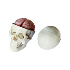 XC-104E, Skull Model with 8 Parts Brain, XC-104E Skull Model with 8 Parts Brain, China XC-104E Skull Model with 8 Parts Brain, Skull Model & Brain elitetradebd, XC-BLS , XC-BLS Basic life support, BLS manikin (CPR & AED simulator) AED monitor, XC-101, XC-101 Life size skeleton (180 cm) with stand, XC-101 A, XC-101 A Skeleton (180 cm) Muscles & Ligaments, XC-101 E, XC-101 E Skeleton (180 cm) Flexible, XC-101 F, XC-101 F Flexible Skeleton with Ligaments, XC-102, XC-102 Skeleton (85 cm), XC-102 A, XC-102 A Skeleton (85 cm) with Spinal Nerves, XC-102 B, XC-102 B Skeleton (85 cm) with Spinal Nerves & Blood Vessel, XC-102 C, XC-102 C Skeleton (85 cm) with Painted Muscles, XC-102 CN, XC-102 CN Skeleton (85 cm) with Painted Muscles, XC-103, XC-103 Mini Skeleton, XC-104, XC-104 Life size Skull, XC-104 B, XC-104 B Life size Skull Painted, XC-104 C, XC-104 C Life size Skull colored bones, XC-104 D, XC-104 D Deluxe Life size Skull (Style D), XC-104 E, XC-104 E Skull with 8 parts Brain, XC-105, XC-105 Life size Vertebrae Column with Pelvis, XC-105 A, XC-105 A Vertebrae Column with Pelvis & Painted Muscles, XC-105 AN, XC-105 AN Vertebrae Column with Pelvis & Numbered Painted Muscles, XC-105 C, XC-105 C Didactic Flexible Vertebrae Column with Pelvis, XC-106, XC-106 Miniature Plastic Skull, XC-107, XC-107 Life size Vertebral column, XC-107 A, XC-107 A Vertebral column with painted muscles, XC-107 C, XC-107 C Didactic Vertebral column, XC-107 D, XC-107 D Vertebral column disarticulate model, XC-109, XC-109 Life size shoulder joint, XC-109 A, XC-109 A Life size muscled Shoulder joint, XC-110, XC-110 Life size Hip Joint, XC-111, XC-111 Life size Knee Joint, XC-112, XC-112 Life size Elbow Joint, XC-113, XC-113 Life size foot Joint, XC-113 A, XC-113 A Life size foot Joint with Ligaments, XC-114 Life size hand Joint, XC-114 A, XC-114 A Life size hand Joint with Ligaments, XC-115, XC-115 Life size pelvis with 5 pcs Lumber Vertebrae, XC-115 A, XC-115 A Half size pelvis with 5 pcs Lumber Vertebrae, XC-116, XC-116 Lumber set 2 Pcs, XC-117, XC-117 Lumber set 3 Pcs, XC-118, XC-118 Lumber set 4 Pcs, XC-119, XC-119 Life size lumber Vertebrae with sacrum & Coccyx & Herniated, XC-119 A, XC-119 A Mini Lumber Vertebrae with Sacrum & Coccyx & Herniated Disc, XC-120, XC-120 Thoracic Spinal Column, XC-121, XC-121 Life size Upper Extremity, XC-122, XC-122 Life size lower Extremity, XC-123, XC-123 Adult male Pelvis, XC-124, XC-124 Adult Female Pelvis, XC-125, XC-125 Female Pelvic Muscles & Organs, XC-126, XC-126 Life size vertebral clumn with pelvis & Femur head, XC-126A, XC-126A vertebral clumn with pelvis & Femur heads & Painted Muscies, XC-126AN, XC-126AN vertebral clumn with pelvis & Femur heads and numbered Painted Muscies, XC-126 C, XC-126 C Didactic vertebral clumn with pelvis & Femur head, XC-126 D, XC-126 D Flexible vertebral with removable Pelvis & Femur, XC-127, XC-127 Birth Demonstration, XC-128, XC-128 Life size pelvis with 2 Pcs Lumber Vertebrae, XC-130, XC-130 Disarticulated Skeleton with Skull, XC-133, XC-133 Cervical Vertebral Clumn with Nack Artery, XC-134, XC-134 Cutaway Osteoporosis, XC-135, XC-135 Skull with CervicalmSpine, XC-135 E, XC-135 E Skull with Brain and Cervical Spain 8 Parts, XC-201, XC-201 Male Torso (85 cm) 19 Parts, XC-202 A, XC-202 A Male Torso (42 cm) 13 Parts, XC-203, XC-203 Torso (26 cm) 15 Parts, XC-204, XC-204 Unisex Torso (85 cm) 23 Parts, XC-205, XC-205 Unisex Torso (45 cm) 23 Parts, XC-206, XC-206 Sexless Torso (85 cm) 20 Parts, XC-207, XC-207 Sexless Torso (42 cm) 18 Parts, XC-208, XC-208 Unisex Torso (85 cm) 40 Parts, XC-209, XC-209 Unisex Torso (85 cm) 20 Parts, XC-210, XC-210 Unisex Torso (85 cm) 30 Parts, XC-301, XC-301 Magnified Human Lartnx, XC-302, XC-302 Magnified Pulmonary Alveoli, XC-303 A, XC-303 A Giant Ear, XC-303 B, XC-303 B Middle Ear, XC-303 C, XC-303 C New Style Giant Ear, XC-303 D, XC-303 D Desktop Ear, XC-304, XC-304 Brain, XC-304 A, XC-304 A New Style Brain, XC-304 B, XC-304 B Brain, XC-305, XC-305 Expansion of Human Teeth, XC-306, XC-306 Stomach, XC-307, XC-307 Jumbo Heart, XC-307 A, XC-307 A Life size Heart, XC-307 B, XC-307 B New style life size heart, XC-307C, XC-307C New style Jumbo Heart, XC-307 D, XC-307 D Middle Heart, XC-308, XC-308 Brain with Arteries, XC-308 A, XC-308 A Brain with Arterial, XC-308 D, XC-308 D Brain with Arterial 9 Parts, XC-309, XC-309 Anatomy Nasal Cavity, XC-310-1, XC-310-1 Kidney, XC-310-2, XC-310-2 Kidney 2 Parts, XC-310-3, XC-310-3 Kidney with Adrenal Gland, XC-310-4, XC-310-4 Enlarged Kidney, XC-311, XC-311 Liver, Pancreas & Duodenum, XC-312, XC-312 Liver, XC-313, XC-313 Enlarge Skin, XC-313-2, XC-313-2 Skin Block, XC-313-3, XC-313-3 Skin Section, XC-315, XC-315 Digestive System, XC-316, XC-316 Giant Eye, XC-316 A, XC-316 A Giant Eye A, XC-316 B, XC-316 B Eye with Orbit, XC-317, XC-317 Expansion of Urinary Bladder, XC-318, XC-318 Brain with Arteries on Head, XC-318 B, XC-318 B Head with Brain, XC-319, XC-319 Median section of the Head, XC-319 A, XC-319 A Frontal Section & Median Section of the Head, XC-319 B, XC-319 B Frontal section of Head, XC-320, XC-320 Larynx, Heart & Lung, XC-321, XC-321 Lung, XC-321 B, XC-321 B Lung, XC-322, XC-322 Circulatory system, XC-324, XC-324 The Head, XC-325, XC-325 Plam Anatomy, XC-326, XC-326 Normal Flat & Arched Foot, XC-330, XC-330 Transparent Lung Segment, XC-331, XC-331 Male Urogenital system, XC-331 A, XC-331 A Human male Pelvis section Part 1, XC-331 B, XC-331 B Human male Pelvis section Part 2, XC-331 C, XC-331 C Advanced Male internal & external Gental Organs, XC-331 D, XC-331 D Male Gental Organ, XC-332, XC-332 Female Urogenital System, XC-332 A, XC-332 A Female Pelvis section 1 Part, XC-332 B, XC-332 B Female Pelvis section 4 Parts, XC-332 B-1, XC-332 B-1Female Pelvis section 2 Part2, XC-332 C, XC-332 C Advanced Female internal & external Gental Organ, XC-332 D, XC-332 D Female Pelvis, XC-333, XC-333 Urinary system, XC-334, XC-334 Human (80 cm) Muscles Male (27 Parts), XC-335, XC-335 Human Muscles 50 cm 1 Part, XC-336, XC-336 Muscles of human Arm 7 parts, XC-337, XC-337 Muscles of Lower Limb 13 Parts, XC-338, XC-338 Life size human Muscle foot (7 parts), XC-401, XC 401Multifunctional patient care Manikin, XC-401 A, XC-401 A High quality Nurse Trainning Doll (Male), XC-401 A-1, XC-401 A-1 New style High quality Nurse Trainning Doll (Male), XC-401 A-2, XC-401 A-2 Advanced Nurse Trainning Doll (with BP Trainning Arm Male), XC-401 B, XC-401 B High quality Nurse Trainning Doll (Female), XC-401 B-1, XC-401 B-1 New style High quality Nurse Trainning Doll (Female), XC-401 B-2, XC-401 B-2 Advanced Nurse trainning doll (with BP Trainning Arm Female), XC-401 C, XC-401 C Advanced Multifunctional Nursing Trainning Doll, XC-401 D, XC-401 D Advanced Trauma Simulator, XC-401 D-1, XC-401 D-1 Advance Trauma Accessories, XC-401 M, XC-401 M Multifunctional patient care Manikin (Male), XC-402, XC-402 Course of delivery, XC-402 A, XC-402 A Advanced Course of delivery, XC-402 A-1, XC-402 A-1 Delivery Machine, XC-403, XC-403 Dental Care (28 teeth), XC-403 A, XC-403 A Dental Care (32 teeth), XC-403 B, XC-403 B Small Dental Care (28 teeth), XC-403 C, XC-403 C Small Dental Care (32 teeth), XC-403 D, XC-403 D Dental Care with Cheek, XC-404, XC-404 Basic CPR Trainning (half Body), XC-404 A, XC-404 A Half body CPR Trainninf (male), XC-404 B, XC-404 B Half body CPR Trainninf (Female), XC-405, XC-405 Nurse Basic Practice Teaching 5 parts, XC-405 A, XC-405 A Simple male Urethral catheterization simulator, XC-405 B, XC-405 B Simple Female Urethral catheterization simulator, XC-405-2, XC-405-2 Transparent gastric lavage model, XC-406-1, XC-406-1 Whole body basic CPR Manikin style 100 (Male/Female), XC-406-2, XC-406-2 Whole body basic CPR Manikin style 200 (Male/Female), XC-406-5, XC-406-5 Whole body basic CPR Manikin style 500 (Male/Female), XC-406-5 Plus, XC-406-5 Plus New style CPR Trainning Manikin, XC-406A 5 Plus, XC-406A 5 Plus Whole advanced CPR Manikin style 500 (Female), XC-407, XC-407 Human Trachea Intubation, XC-407 A, XC-407 A Advanced Human Trachea Intubation, XC-408, XC-408 Electronic Urinary, XC-408 C, XC-408 C Advanced male Urethral Catheterization simulator, XC-408 D, XC-408 D Advanced female Urethral Catheterization simulator, XC-408 E, XC-408 E Transparant male Urethral Catheterization simulator, XC-408 F, XC-408 F Transparent female Urethral Catheterization simulator, XC-409, XC-409 New Born baby, XC-409 A, XC-409 A New style New Born baby, XC-409A-1, XC-409A-1 New style New Born baby model (Girl), XC-409 B, XC-409 B Advanced New Born care, XC-409 C, XC-409 C Advanced neonate Umbilical cord, XC-409 C-1, XC-409 C-1 Umbilical Cord, XC-409 D, XC-409 D Tracheostomy care infant, XC-409 E, XC-409 E Neonate scalp venipuncture, XC-410, XC-410 New born Intubation, XC-410 A, XC-410 A Infant Intubation trainning, XC-411, XC-411 Gynecological Trainning simulator, XC-412, XC-412 Advanced maternity, XC-414, XC-414 Development process for ferus, XC-414 A, XC-414 A The development process for ferus (half size), XC-416, XC-416 New born CPR Trainning manikin, XC-417, XC-417 Conception Guidance, XC-417 A, XC-417 A Female Contraception Guidance, XC-417 B, XC-417 B Male Condom Simulator (Transparent Base), XC-418, XC-418 Breast Examination, XC-418 B, XC-418 B Lactation Trainning model, Xincheng Scientific Industries Co., Ltd, Xincheng Scientific Model, Xincheng Scientific Human model, Xincheng Scientific Human body models, Models, Charts, Human body charts, China Models, China Chart, XC-BLS price in bd, XC-BLS Basic life support price in bd, BLS manikin (CPR & AED simulator) AED monitor price in bd, XC-101 price in bd, XC-101 Life size skeleton (180 cm) with stand price in bd, XC-101 A price in bd, XC-101 A Skeleton (180 cm) Muscles & Ligaments price in bd, XC-101 E price in bd, XC-101 E Skeleton (180 cm) Flexible price in bd, XC-101 F price in bd, XC-101 F Flexible Skeleton with Ligaments price in bd, XC-102 price in bd, XC-102 Skeleton (85 cm) price in bd, XC-102 A price in bd, XC-102 A Skeleton (85 cm) with Spinal Nerves price in bd, XC-102 B price in bd, XC-102 B Skeleton (85 cm) with Spinal Nerves & Blood Vessel price in bd, XC-102 C price in bd, XC-102 C Skeleton (85 cm) with Painted Muscles price in bd, XC-102 CN price in bd, XC-102 CN Skeleton (85 cm) with Painted Muscles price in bd, XC-103 price in bd, XC-103 Mini Skeleton price in bd, XC-104 price in bd, XC-104 Life size Skull price in bd, XC-104 B price in bd, XC-104 B Life size Skull Painted price in bd, XC-104 C price in bd, XC-104 C Life size Skull colored bones price in bd, XC-104 D price in bd, XC-104 D Deluxe Life size Skull (Style D) price in bd, XC-104 E price in bd, XC-104 E Skull with 8 parts Brain price in bd, XC-105 price in bd, XC-105 Life size Vertebrae Column with Pelvis price in bd, XC-105 A price in bd, XC-105 A Vertebrae Column with Pelvis & Painted Muscles price in bd, XC-105 AN price in bd, XC-105 AN Vertebrae Column with Pelvis & Numbered Painted Muscles price in bd, XC-105 C price in bd, XC-105 C Didactic Flexible Vertebrae Column with Pelvis price in bd, XC-106 price in bd, XC-106 Miniature Plastic Skull price in bd, XC-107 price in bd, XC-107 Life size Vertebral column price in bd, XC-107 A price in bd, XC-107 A Vertebral column with painted muscles price in bd, XC-107 C price in bd, XC-107 C Didactic Vertebral column price in bd, XC-107 D price in bd, XC-107 D Vertebral column disarticulate model price in bd, XC-109 price in bd, XC-109 Life size shoulder joint price in bd, XC-109 A price in bd, XC-109 A Life size muscled Shoulder joint price in bd, XC-110 price in bd, XC-110 Life size Hip Joint price in bd, XC-111 price in bd, XC-111 Life size Knee Joint price in bd, XC-112 price in bd, XC-112 Life size Elbow Joint price in bd, XC-113 price in bd, XC-113 Life size foot Joint price in bd, XC-113 A price in bd, XC-113 A Life size foot Joint with Ligaments price in bd, XC-114 Life size hand Joint price in bd, XC-114 A price in bd, XC-114 A Life size hand Joint with Ligaments price in bd, XC-115 price in bd, XC-115 Life size pelvis with 5 pcs Lumber Vertebrae price in bd, XC-115 A price in bd, XC-115 A Half size pelvis with 5 pcs Lumber Vertebrae price in bd, XC-116 price in bd, XC-116 Lumber set 2 Pcs price in bd, XC-117 price in bd, XC-117 Lumber set 3 Pcs price in bd, XC-118 price in bd, XC-118 Lumber set 4 Pcs price in bd, XC-119 price in bd, XC-119 Life size lumber Vertebrae with sacrum & Coccyx & Herniated price in bd, XC-119 A price in bd, XC-119 A Mini Lumber Vertebrae with Sacrum & Coccyx & Herniated Disc price in bd, XC-120 price in bd, XC-120 Thoracic Spinal Column price in bd, XC-121 price in bd, XC-121 Life size Upper Extremity price in bd, XC-122 price in bd, XC-122 Life size lower Extremity price in bd, XC-123 price in bd, XC-123 Adult male Pelvis price in bd, XC-124 price in bd, XC-124 Adult Female Pelvis price in bd, XC-125 price in bd, XC-125 Female Pelvic Muscles & Organs price in bd, XC-126 price in bd, XC-126 Life size vertebral clumn with pelvis & Femur head price in bd, XC-126A price in bd, XC-126A vertebral clumn with pelvis & Femur heads & Painted Muscies price in bd, XC-126AN price in bd, XC-126AN vertebral clumn with pelvis & Femur heads and numbered Painted Muscies price in bd, XC-126 C price in bd, XC-126 C Didactic vertebral clumn with pelvis & Femur head price in bd, XC-126 D price in bd, XC-126 D Flexible vertebral with removable Pelvis & Femur price in bd, XC-127 price in bd, XC-127 Birth Demonstration price in bd, XC-128 price in bd, XC-128 Life size pelvis with 2 Pcs Lumber Vertebrae price in bd, XC-130 price in bd, XC-130 Disarticulated Skeleton with Skull price in bd, XC-133 price in bd, XC-133 Cervical Vertebral Clumn with Nack Artery price in bd, XC-134 price in bd, XC-134 Cutaway Osteoporosis price in bd, XC-135 price in bd, XC-135 Skull with CervicalmSpine price in bd, XC-135 E price in bd, XC-135 E Skull with Brain and Cervical Spain 8 Parts price in bd, XC-201 price in bd, XC-201 Male Torso (85 cm) 19 Parts price in bd, XC-202 A price in bd, XC-202 A Male Torso (42 cm) 13 Parts price in bd, XC-203 price in bd, XC-203 Torso (26 cm) 15 Parts price in bd, XC-204 price in bd, XC-204 Unisex Torso (85 cm) 23 Parts price in bd, XC-205 price in bd, XC-205 Unisex Torso (45 cm) 23 Parts price in bd, XC-206 price in bd, XC-206 Sexless Torso (85 cm) 20 Parts price in bd, XC-207 price in bd, XC-207 Sexless Torso (42 cm) 18 Parts price in bd, XC-208 price in bd, XC-208 Unisex Torso (85 cm) 40 Parts price in bd, XC-209 price in bd, XC-209 Unisex Torso (85 cm) 20 Parts price in bd, XC-210 price in bd, XC-210 Unisex Torso (85 cm) 30 Parts price in bd, XC-301 price in bd, XC-301 Magnified Human Lartnx price in bd, XC-302 price in bd, XC-302 Magnified Pulmonary Alveoli price in bd, XC-303 A price in bd, XC-303 A Giant Ear price in bd, XC-303 B price in bd, XC-303 B Middle Ear price in bd, XC-303 C price in bd, XC-303 C New Style Giant Ear price in bd, XC-303 D price in bd, XC-303 D Desktop Ear price in bd, XC-304 price in bd, XC-304 Brain price in bd, XC-304 A price in bd, XC-304 A New Style Brain price in bd, XC-304 B price in bd, XC-304 B Brain price in bd, XC-305 price in bd, XC-305 Expansion of Human Teeth price in bd, XC-306 price in bd, XC-306 Stomach price in bd, XC-307 price in bd, XC-307 Jumbo Heart price in bd, XC-307 A price in bd, XC-307 A Life size Heart price in bd, XC-307 B price in bd, XC-307 B New style life size heart price in bd, XC-307C price in bd, XC-307C New style Jumbo Heart price in bd, XC-307 D price in bd, XC-307 D Middle Heart price in bd, XC-308 price in bd, XC-308 Brain with Arteries price in bd, XC-308 A price in bd, XC-308 A Brain with Arterial price in bd, XC-308 D price in bd, XC-308 D Brain with Arterial 9 Parts price in bd, XC-309 price in bd, XC-309 Anatomy Nasal Cavity price in bd, XC-310-1 price in bd, XC-310-1 Kidney price in bd, XC-310-2 price in bd, XC-310-2 Kidney 2 Parts price in bd, XC-310-3 price in bd, XC-310-3 Kidney with Adrenal Gland price in bd, XC-310-4 price in bd, XC-310-4 Enlarged Kidney price in bd, XC-311 price in bd, XC-311 Liver price in bd, Pancreas & Duodenum price in bd, XC-312 price in bd, XC-312 Liver price in bd, XC-313 price in bd, XC-313 Enlarge Skin price in bd, XC-313-2 price in bd, XC-313-2 Skin Block price in bd, XC-313-3 price in bd, XC-313-3 Skin Section price in bd, XC-315 price in bd, XC-315 Digestive System price in bd, XC-316 price in bd, XC-316 Giant Eye price in bd, XC-316 A price in bd, XC-316 A Giant Eye A price in bd, XC-316 B price in bd, XC-316 B Eye with Orbit price in bd, XC-317 price in bd, XC-317 Expansion of Urinary Bladder price in bd, XC-318 price in bd, XC-318 Brain with Arteries on Head price in bd, XC-318 B price in bd, XC-318 B Head with Brain price in bd, XC-319 price in bd, XC-319 Median section of the Head price in bd, XC-319 A price in bd, XC-319 A Frontal Section & Median Section of the Head price in bd, XC-319 B price in bd, XC-319 B Frontal section of Head price in bd, XC-320 price in bd, XC-320 Larynx price in bd, Heart & Lung price in bd, XC-321 price in bd, XC-321 Lung price in bd, XC-321 B price in bd, XC-321 B Lung price in bd, XC-322 price in bd, XC-322 Circulatory system price in bd, XC-324 price in bd, XC-324 The Head price in bd, XC-325 price in bd, XC-325 Plam Anatomy price in bd, XC-326 price in bd, XC-326 Normal Flat & Arched Foot price in bd, XC-330 price in bd, XC-330 Transparent Lung Segment price in bd, XC-331 price in bd, XC-331 Male Urogenital system price in bd, XC-331 A price in bd, XC-331 A Human male Pelvis section Part 1 price in bd, XC-331 B price in bd, XC-331 B Human male Pelvis section Part 2 price in bd, XC-331 C price in bd, XC-331 C Advanced Male internal & external Gental Organs price in bd, XC-331 D price in bd, XC-331 D Male Gental Organ price in bd, XC-332 price in bd, XC-332 Female Urogenital System price in bd, XC-332 A price in bd, XC-332 A Female Pelvis section 1 Part price in bd, XC-332 B price in bd, XC-332 B Female Pelvis section 4 Parts price in bd, XC-332 B-1 price in bd, XC-332 B-1Female Pelvis section 2 Part2 price in bd, XC-332 C price in bd, XC-332 C Advanced Female internal & external Gental Organ price in bd, XC-332 D price in bd, XC-332 D Female Pelvis price in bd, XC-333 price in bd, XC-333 Urinary system price in bd, XC-334 price in bd, XC-334 Human (80 cm) Muscles Male (27 Parts) price in bd, XC-335 price in bd, XC-335 Human Muscles 50 cm 1 Part price in bd, XC-336 price in bd, XC-336 Muscles of human Arm 7 parts price in bd, XC-337 price in bd, XC-337 Muscles of Lower Limb 13 Parts price in bd, XC-338 price in bd, XC-338 Life size human Muscle foot (7 parts) price in bd, XC-401 price in bd, XC 401Multifunctional patient care Manikin price in bd, XC-401 A price in bd, XC-401 A High quality Nurse Trainning Doll (Male) price in bd, XC-401 A-1 price in bd, XC-401 A-1 New style High quality Nurse Trainning Doll (Male) price in bd, XC-401 A-2 price in bd, XC-401 A-2 Advanced Nurse Trainning Doll (with BP Trainning Arm Male) price in bd, XC-401 B price in bd, XC-401 B High quality Nurse Trainning Doll (Female) price in bd, XC-401 B-1 price in bd, XC-401 B-1 New style High quality Nurse Trainning Doll (Female) price in bd, XC-401 B-2 price in bd, XC-401 B-2 Advanced Nurse trainning doll (with BP Trainning Arm Female) price in bd, XC-401 C price in bd, XC-401 C Advanced Multifunctional Nursing Trainning Doll price in bd, XC-401 D price in bd, XC-401 D Advanced Trauma Simulator price in bd, XC-401 D-1 price in bd, XC-401 D-1 Advance Trauma Accessories price in bd, XC-401 M price in bd, XC-401 M Multifunctional patient care Manikin (Male) price in bd, XC-402 price in bd, XC-402 Course of delivery price in bd, XC-402 A price in bd, XC-402 A Advanced Course of delivery price in bd, XC-402 A-1 price in bd, XC-402 A-1 Delivery Machine price in bd, XC-403 price in bd, XC-403 Dental Care (28 teeth) price in bd, XC-403 A price in bd, XC-403 A Dental Care (32 teeth) price in bd, XC-403 B price in bd, XC-403 B Small Dental Care (28 teeth) price in bd, XC-403 C price in bd, XC-403 C Small Dental Care (32 teeth) price in bd, XC-403 D price in bd, XC-403 D Dental Care with Cheek price in bd, XC-404 price in bd, XC-404 Basic CPR Trainning (half Body) price in bd, XC-404 A price in bd, XC-404 A Half body CPR Trainninf (male) price in bd, XC-404 B price in bd, XC-404 B Half body CPR Trainninf (Female) price in bd, XC-405 price in bd, XC-405 Nurse Basic Practice Teaching 5 parts price in bd, XC-405 A price in bd, XC-405 A Simple male Urethral catheterization simulator price in bd, XC-405 B price in bd, XC-405 B Simple Female Urethral catheterization simulator price in bd, XC-405-2 price in bd, XC-405-2 Transparent gastric lavage model price in bd, XC-406-1 price in bd, XC-406-1 Whole body basic CPR Manikin style 100 (Male/Female) price in bd, XC-406-2 price in bd, XC-406-2 Whole body basic CPR Manikin style 200 (Male/Female) price in bd, XC-406-5 price in bd, XC-406-5 Whole body basic CPR Manikin style 500 (Male/Female) price in bd, XC-406-5 Plus price in bd, XC-406-5 Plus New style CPR Trainning Manikin price in bd, XC-406A 5 Plus price in bd, XC-406A 5 Plus Whole advanced CPR Manikin style 500 (Female) price in bd, XC-407 price in bd, XC-407 Human Trachea Intubation price in bd, XC-407 A price in bd, XC-407 A Advanced Human Trachea Intubation price in bd, XC-408 price in bd, XC-408 Electronic Urinary price in bd, XC-408 C price in bd, XC-408 C Advanced male Urethral Catheterization simulator price in bd, XC-408 D price in bd, XC-408 D Advanced female Urethral Catheterization simulator price in bd, XC-408 E price in bd, XC-408 E Transparant male Urethral Catheterization simulator price in bd, XC-408 F price in bd, XC-408 F Transparent female Urethral Catheterization simulator price in bd, XC-409 price in bd, XC-409 New Born baby price in bd, XC-409 A price in bd, XC-409 A New style New Born baby price in bd, XC-409A-1 price in bd, XC-409A-1 New style New Born baby model (Girl) price in bd, XC-409 B price in bd, XC-409 B Advanced New Born care price in bd, XC-409 C price in bd, XC-409 C Advanced neonate Umbilical cord price in bd, XC-409 C-1 price in bd, XC-409 C-1 Umbilical Cord price in bd, XC-409 D price in bd, XC-409 D Tracheostomy care infant price in bd, XC-409 E price in bd, XC-409 E Neonate scalp venipuncture price in bd, XC-410 price in bd, XC-410 New born Intubation price in bd, XC-410 A price in bd, XC-410 A Infant Intubation trainning price in bd, XC-411 price in bd, XC-411 Gynecological Trainning simulator price in bd, XC-412 price in bd, XC-412 Advanced maternity price in bd, XC-414 price in bd, XC-414 Development process for ferus price in bd, XC-414 A price in bd, XC-414 A The development process for ferus (half size) price in bd, XC-416 price in bd, XC-416 New born CPR Trainning manikin price in bd, XC-417 price in bd, XC-417 Conception Guidance price in bd, XC-417 A price in bd, XC-417 A Female Contraception Guidance price in bd, XC-417 B price in bd, XC-417 B Male Condom Simulator (Transparent Base) price in bd, XC-418 price in bd, XC-418 Breast Examination price in bd, XC-418 B price in bd, XC-418 B Lactation Trainning model price in bd, XC-BLS saler in bd, XC-BLS Basic life support saler in bd, BLS manikin (CPR & AED simulator) AED monitor saler in bd, XC-101 saler in bd, XC-101 Life size skeleton (180 cm) with stand saler in bd, XC-101 A saler in bd, XC-101 A Skeleton (180 cm) Muscles & Ligaments saler in bd, XC-101 E saler in bd, XC-101 E Skeleton (180 cm) Flexible saler in bd, XC-101 F saler in bd, XC-101 F Flexible Skeleton with Ligaments saler in bd, XC-102 saler in bd, XC-102 Skeleton (85 cm) saler in bd, XC-102 A saler in bd, XC-102 A Skeleton (85 cm) with Spinal Nerves saler in bd, XC-102 B saler in bd, XC-102 B Skeleton (85 cm) with Spinal Nerves & Blood Vessel saler in bd, XC-102 C saler in bd, XC-102 C Skeleton (85 cm) with Painted Muscles saler in bd, XC-102 CN saler in bd, XC-102 CN Skeleton (85 cm) with Painted Muscles saler in bd, XC-103 saler in bd, XC-103 Mini Skeleton saler in bd, XC-104 saler in bd, XC-104 Life size Skull saler in bd, XC-104 B saler in bd, XC-104 B Life size Skull Painted saler in bd, XC-104 C saler in bd, XC-104 C Life size Skull colored bones saler in bd, XC-104 D saler in bd, XC-104 D Deluxe Life size Skull (Style D) saler in bd, XC-104 E saler in bd, XC-104 E Skull with 8 parts Brain saler in bd, XC-105 saler in bd, XC-105 Life size Vertebrae Column with Pelvis saler in bd, XC-105 A saler in bd, XC-105 A Vertebrae Column with Pelvis & Painted Muscles saler in bd, XC-105 AN saler in bd, XC-105 AN Vertebrae Column with Pelvis & Numbered Painted Muscles saler in bd, XC-105 C saler in bd, XC-105 C Didactic Flexible Vertebrae Column with Pelvis saler in bd, XC-106 saler in bd, XC-106 Miniature Plastic Skull saler in bd, XC-107 saler in bd, XC-107 Life size Vertebral column saler in bd, XC-107 A saler in bd, XC-107 A Vertebral column with painted muscles saler in bd, XC-107 C saler in bd, XC-107 C Didactic Vertebral column saler in bd, XC-107 D saler in bd, XC-107 D Vertebral column disarticulate model saler in bd, XC-109 saler in bd, XC-109 Life size shoulder joint saler in bd, XC-109 A saler in bd, XC-109 A Life size muscled Shoulder joint saler in bd, XC-110 saler in bd, XC-110 Life size Hip Joint saler in bd, XC-111 saler in bd, XC-111 Life size Knee Joint saler in bd, XC-112 saler in bd, XC-112 Life size Elbow Joint saler in bd, XC-113 saler in bd, XC-113 Life size foot Joint saler in bd, XC-113 A saler in bd, XC-113 A Life size foot Joint with Ligaments saler in bd, XC-114 Life size hand Joint saler in bd, XC-114 A saler in bd, XC-114 A Life size hand Joint with Ligaments saler in bd, XC-115 saler in bd, XC-115 Life size pelvis with 5 pcs Lumber Vertebrae saler in bd, XC-115 A saler in bd, XC-115 A Half size pelvis with 5 pcs Lumber Vertebrae saler in bd, XC-116 saler in bd, XC-116 Lumber set 2 Pcs saler in bd, XC-117 saler in bd, XC-117 Lumber set 3 Pcs saler in bd, XC-118 saler in bd, XC-118 Lumber set 4 Pcs saler in bd, XC-119 saler in bd, XC-119 Life size lumber Vertebrae with sacrum & Coccyx & Herniated saler in bd, XC-119 A saler in bd, XC-119 A Mini Lumber Vertebrae with Sacrum & Coccyx & Herniated Disc saler in bd, XC-120 saler in bd, XC-120 Thoracic Spinal Column saler in bd, XC-121 saler in bd, XC-121 Life size Upper Extremity saler in bd, XC-122 saler in bd, XC-122 Life size lower Extremity saler in bd, XC-123 saler in bd, XC-123 Adult male Pelvis saler in bd, XC-124 saler in bd, XC-124 Adult Female Pelvis saler in bd, XC-125 saler in bd, XC-125 Female Pelvic Muscles & Organs saler in bd, XC-126 saler in bd, XC-126 Life size vertebral clumn with pelvis & Femur head saler in bd, XC-126A saler in bd, XC-126A vertebral clumn with pelvis & Femur heads & Painted Muscies saler in bd, XC-126AN saler in bd, XC-126AN vertebral clumn with pelvis & Femur heads and numbered Painted Muscies saler in bd, XC-126 C saler in bd, XC-126 C Didactic vertebral clumn with pelvis & Femur head saler in bd, XC-126 D saler in bd, XC-126 D Flexible vertebral with removable Pelvis & Femur saler in bd, XC-127 saler in bd, XC-127 Birth Demonstration saler in bd, XC-128 saler in bd, XC-128 Life size pelvis with 2 Pcs Lumber Vertebrae saler in bd, XC-130 saler in bd, XC-130 Disarticulated Skeleton with Skull saler in bd, XC-133 saler in bd, XC-133 Cervical Vertebral Clumn with Nack Artery saler in bd, XC-134 saler in bd, XC-134 Cutaway Osteoporosis saler in bd, XC-135 saler in bd, XC-135 Skull with CervicalmSpine saler in bd, XC-135 E saler in bd, XC-135 E Skull with Brain and Cervical Spain 8 Parts saler in bd, XC-201 saler in bd, XC-201 Male Torso (85 cm) 19 Parts saler in bd, XC-202 A saler in bd, XC-202 A Male Torso (42 cm) 13 Parts saler in bd, XC-203 saler in bd, XC-203 Torso (26 cm) 15 Parts saler in bd, XC-204 saler in bd, XC-204 Unisex Torso (85 cm) 23 Parts saler in bd, XC-205 saler in bd, XC-205 Unisex Torso (45 cm) 23 Parts saler in bd, XC-206 saler in bd, XC-206 Sexless Torso (85 cm) 20 Parts saler in bd, XC-207 saler in bd, XC-207 Sexless Torso (42 cm) 18 Parts saler in bd, XC-208 saler in bd, XC-208 Unisex Torso (85 cm) 40 Parts saler in bd, XC-209 saler in bd, XC-209 Unisex Torso (85 cm) 20 Parts saler in bd, XC-210 saler in bd, XC-210 Unisex Torso (85 cm) 30 Parts saler in bd, XC-301 saler in bd, XC-301 Magnified Human Lartnx saler in bd, XC-302 saler in bd, XC-302 Magnified Pulmonary Alveoli saler in bd, XC-303 A saler in bd, XC-303 A Giant Ear saler in bd, XC-303 B saler in bd, XC-303 B Middle Ear saler in bd, XC-303 C saler in bd, XC-303 C New Style Giant Ear saler in bd, XC-303 D saler in bd, XC-303 D Desktop Ear saler in bd, XC-304 saler in bd, XC-304 Brain saler in bd, XC-304 A saler in bd, XC-304 A New Style Brain saler in bd, XC-304 B saler in bd, XC-304 B Brain saler in bd, XC-305 saler in bd, XC-305 Expansion of Human Teeth saler in bd, XC-306 saler in bd, XC-306 Stomach saler in bd, XC-307 saler in bd, XC-307 Jumbo Heart saler in bd, XC-307 A saler in bd, XC-307 A Life size Heart saler in bd, XC-307 B saler in bd, XC-307 B New style life size heart saler in bd, XC-307C saler in bd, XC-307C New style Jumbo Heart saler in bd, XC-307 D saler in bd, XC-307 D Middle Heart saler in bd, XC-308 saler in bd, XC-308 Brain with Arteries saler in bd, XC-308 A saler in bd, XC-308 A Brain with Arterial saler in bd, XC-308 D saler in bd, XC-308 D Brain with Arterial 9 Parts saler in bd, XC-309 saler in bd, XC-309 Anatomy Nasal Cavity saler in bd, XC-310-1 saler in bd, XC-310-1 Kidney saler in bd, XC-310-2 saler in bd, XC-310-2 Kidney 2 Parts saler in bd, XC-310-3 saler in bd, XC-310-3 Kidney with Adrenal Gland saler in bd, XC-310-4 saler in bd, XC-310-4 Enlarged Kidney saler in bd, XC-311 saler in bd, XC-311 Liver saler in bd, Pancreas & Duodenum saler in bd, XC-312 saler in bd, XC-312 Liver saler in bd, XC-313 saler in bd, XC-313 Enlarge Skin saler in bd, XC-313-2 saler in bd, XC-313-2 Skin Block saler in bd, XC-313-3 saler in bd, XC-313-3 Skin Section saler in bd, XC-315 saler in bd, XC-315 Digestive System saler in bd, XC-316 saler in bd, XC-316 Giant Eye saler in bd, XC-316 A saler in bd, XC-316 A Giant Eye A saler in bd, XC-316 B saler in bd, XC-316 B Eye with Orbit saler in bd, XC-317 saler in bd, XC-317 Expansion of Urinary Bladder saler in bd, XC-318 saler in bd, XC-318 Brain with Arteries on Head saler in bd, XC-318 B saler in bd, XC-318 B Head with Brain saler in bd, XC-319 saler in bd, XC-319 Median section of the Head saler in bd, XC-319 A saler in bd, XC-319 A Frontal Section & Median Section of the Head saler in bd, XC-319 B saler in bd, XC-319 B Frontal section of Head saler in bd, XC-320 saler in bd, XC-320 Larynx saler in bd, Heart & Lung saler in bd, XC-321 saler in bd, XC-321 Lung saler in bd, XC-321 B saler in bd, XC-321 B Lung saler in bd, XC-322 saler in bd, XC-322 Circulatory system saler in bd, XC-324 saler in bd, XC-324 The Head saler in bd, XC-325 saler in bd, XC-325 Plam Anatomy saler in bd, XC-326 saler in bd, XC-326 Normal Flat & Arched Foot saler in bd, XC-330 saler in bd, XC-330 Transparent Lung Segment saler in bd, XC-331 saler in bd, XC-331 Male Urogenital system saler in bd, XC-331 A saler in bd, XC-331 A Human male Pelvis section Part 1 saler in bd, XC-331 B saler in bd, XC-331 B Human male Pelvis section Part 2 saler in bd, XC-331 C saler in bd, XC-331 C Advanced Male internal & external Gental Organs saler in bd, XC-331 D saler in bd, XC-331 D Male Gental Organ saler in bd, XC-332 saler in bd, XC-332 Female Urogenital System saler in bd, XC-332 A saler in bd, XC-332 A Female Pelvis section 1 Part saler in bd, XC-332 B saler in bd, XC-332 B Female Pelvis section 4 Parts saler in bd, XC-332 B-1 saler in bd, XC-332 B-1Female Pelvis section 2 Part2 saler in bd, XC-332 C saler in bd, XC-332 C Advanced Female internal & external Gental Organ saler in bd, XC-332 D saler in bd, XC-332 D Female Pelvis saler in bd, XC-333 saler in bd, XC-333 Urinary system saler in bd, XC-334 saler in bd, XC-334 Human (80 cm) Muscles Male (27 Parts) saler in bd, XC-335 saler in bd, XC-335 Human Muscles 50 cm 1 Part saler in bd, XC-336 saler in bd, XC-336 Muscles of human Arm 7 parts saler in bd, XC-337 saler in bd, XC-337 Muscles of Lower Limb 13 Parts saler in bd, XC-338 saler in bd, XC-338 Life size human Muscle foot (7 parts) saler in bd, XC-401 saler in bd, XC 401Multifunctional patient care Manikin saler in bd, XC-401 A saler in bd, XC-401 A High quality Nurse Trainning Doll (Male) saler in bd, XC-401 A-1 saler in bd, XC-401 A-1 New style High quality Nurse Trainning Doll (Male) saler in bd, XC-401 A-2 saler in bd, XC-401 A-2 Advanced Nurse Trainning Doll (with BP Trainning Arm Male) saler in bd, XC-401 B saler in bd, XC-401 B High quality Nurse Trainning Doll (Female) saler in bd, XC-401 B-1 saler in bd, XC-401 B-1 New style High quality Nurse Trainning Doll (Female) saler in bd, XC-401 B-2 saler in bd, XC-401 B-2 Advanced Nurse trainning doll (with BP Trainning Arm Female) saler in bd, XC-401 C saler in bd, XC-401 C Advanced Multifunctional Nursing Trainning Doll saler in bd, XC-401 D saler in bd, XC-401 D Advanced Trauma Simulator saler in bd, XC-401 D-1 saler in bd, XC-401 D-1 Advance Trauma Accessories saler in bd, XC-401 M saler in bd, XC-401 M Multifunctional patient care Manikin (Male) saler in bd, XC-402 saler in bd, XC-402 Course of delivery saler in bd, XC-402 A saler in bd, XC-402 A Advanced Course of delivery saler in bd, XC-402 A-1 saler in bd, XC-402 A-1 Delivery Machine saler in bd, XC-403 saler in bd, XC-403 Dental Care (28 teeth) saler in bd, XC-403 A saler in bd, XC-403 A Dental Care (32 teeth) saler in bd, XC-403 B saler in bd, XC-403 B Small Dental Care (28 teeth) saler in bd, XC-403 C saler in bd, XC-403 C Small Dental Care (32 teeth) saler in bd, XC-403 D saler in bd, XC-403 D Dental Care with Cheek saler in bd, XC-404 saler in bd, XC-404 Basic CPR Trainning (half Body) saler in bd, XC-404 A saler in bd, XC-404 A Half body CPR Trainninf (male) saler in bd, XC-404 B saler in bd, XC-404 B Half body CPR Trainninf (Female) saler in bd, XC-405 saler in bd, XC-405 Nurse Basic Practice Teaching 5 parts saler in bd, XC-405 A saler in bd, XC-405 A Simple male Urethral catheterization simulator saler in bd, XC-405 B saler in bd, XC-405 B Simple Female Urethral catheterization simulator saler in bd, XC-405-2 saler in bd, XC-405-2 Transparent gastric lavage model saler in bd, XC-406-1 saler in bd, XC-406-1 Whole body basic CPR Manikin style 100 (Male/Female) saler in bd, XC-406-2 saler in bd, XC-406-2 Whole body basic CPR Manikin style 200 (Male/Female) saler in bd, XC-406-5 saler in bd, XC-406-5 Whole body basic CPR Manikin style 500 (Male/Female) saler in bd, XC-406-5 Plus saler in bd, XC-406-5 Plus New style CPR Trainning Manikin saler in bd, XC-406A 5 Plus saler in bd, XC-406A 5 Plus Whole advanced CPR Manikin style 500 (Female) saler in bd, XC-407 saler in bd, XC-407 Human Trachea Intubation saler in bd, XC-407 A saler in bd, XC-407 A Advanced Human Trachea Intubation saler in bd, XC-408 saler in bd, XC-408 Electronic Urinary saler in bd, XC-408 C saler in bd, XC-408 C Advanced male Urethral Catheterization simulator saler in bd, XC-408 D saler in bd, XC-408 D Advanced female Urethral Catheterization simulator saler in bd, XC-408 E saler in bd, XC-408 E Transparant male Urethral Catheterization simulator saler in bd, XC-408 F saler in bd, XC-408 F Transparent female Urethral Catheterization simulator saler in bd, XC-409 saler in bd, XC-409 New Born baby saler in bd, XC-409 A saler in bd, XC-409 A New style New Born baby saler in bd, XC-409A-1 saler in bd, XC-409A-1 New style New Born baby model (Girl) saler in bd, XC-409 B saler in bd, XC-409 B Advanced New Born care saler in bd, XC-409 C saler in bd, XC-409 C Advanced neonate Umbilical cord saler in bd, XC-409 C-1 saler in bd, XC-409 C-1 Umbilical Cord saler in bd, XC-409 D saler in bd, XC-409 D Tracheostomy care infant saler in bd, XC-409 E saler in bd, XC-409 E Neonate scalp venipuncture saler in bd, XC-410 saler in bd, XC-410 New born Intubation saler in bd, XC-410 A saler in bd, XC-410 A Infant Intubation trainning saler in bd, XC-411 saler in bd, XC-411 Gynecological Trainning simulator saler in bd, XC-412 saler in bd, XC-412 Advanced maternity saler in bd, XC-414 saler in bd, XC-414 Development process for ferus saler in bd, XC-414 A saler in bd, XC-414 A The development process for ferus (half size) saler in bd, XC-416 saler in bd, XC-416 New born CPR Trainning manikin saler in bd, XC-417 saler in bd, XC-417 Conception Guidance saler in bd, XC-417 A saler in bd, XC-417 A Female Contraception Guidance saler in bd, XC-417 B saler in bd, XC-417 B Male Condom Simulator (Transparent Base) saler in bd, XC-418 saler in bd, XC-418 Breast Examination saler in bd, XC-418 B saler in bd, XC-418 B Lactation Trainning model saler in bd, XC-BLS seller in bd, XC-BLS Basic life support seller in bd, BLS manikin (CPR & AED simulator) AED monitor seller in bd, XC-101 seller in bd, XC-101 Life size skeleton (180 cm) with stand seller in bd, XC-101 A seller in bd, XC-101 A Skeleton (180 cm) Muscles & Ligaments seller in bd, XC-101 E seller in bd, XC-101 E Skeleton (180 cm) Flexible seller in bd, XC-101 F seller in bd, XC-101 F Flexible Skeleton with Ligaments seller in bd, XC-102 seller in bd, XC-102 Skeleton (85 cm) seller in bd, XC-102 A seller in bd, XC-102 A Skeleton (85 cm) with Spinal Nerves seller in bd, XC-102 B seller in bd, XC-102 B Skeleton (85 cm) with Spinal Nerves & Blood Vessel seller in bd, XC-102 C seller in bd, XC-102 C Skeleton (85 cm) with Painted Muscles seller in bd, XC-102 CN seller in bd, XC-102 CN Skeleton (85 cm) with Painted Muscles seller in bd, XC-103 seller in bd, XC-103 Mini Skeleton seller in bd, XC-104 seller in bd, XC-104 Life size Skull seller in bd, XC-104 B seller in bd, XC-104 B Life size Skull Painted seller in bd, XC-104 C seller in bd, XC-104 C Life size Skull colored bones seller in bd, XC-104 D seller in bd, XC-104 D Deluxe Life size Skull (Style D) seller in bd, XC-104 E seller in bd, XC-104 E Skull with 8 parts Brain seller in bd, XC-105 seller in bd, XC-105 Life size Vertebrae Column with Pelvis seller in bd, XC-105 A seller in bd, XC-105 A Vertebrae Column with Pelvis & Painted Muscles seller in bd, XC-105 AN seller in bd, XC-105 AN Vertebrae Column with Pelvis & Numbered Painted Muscles seller in bd, XC-105 C seller in bd, XC-105 C Didactic Flexible Vertebrae Column with Pelvis seller in bd, XC-106 seller in bd, XC-106 Miniature Plastic Skull seller in bd, XC-107 seller in bd, XC-107 Life size Vertebral column seller in bd, XC-107 A seller in bd, XC-107 A Vertebral column with painted muscles seller in bd, XC-107 C seller in bd, XC-107 C Didactic Vertebral column seller in bd, XC-107 D seller in bd, XC-107 D Vertebral column disarticulate model seller in bd, XC-109 seller in bd, XC-109 Life size shoulder joint seller in bd, XC-109 A seller in bd, XC-109 A Life size muscled Shoulder joint seller in bd, XC-110 seller in bd, XC-110 Life size Hip Joint seller in bd, XC-111 seller in bd, XC-111 Life size Knee Joint seller in bd, XC-112 seller in bd, XC-112 Life size Elbow Joint seller in bd, XC-113 seller in bd, XC-113 Life size foot Joint seller in bd, XC-113 A seller in bd, XC-113 A Life size foot Joint with Ligaments seller in bd, XC-114 Life size hand Joint seller in bd, XC-114 A seller in bd, XC-114 A Life size hand Joint with Ligaments seller in bd, XC-115 seller in bd, XC-115 Life size pelvis with 5 pcs Lumber Vertebrae seller in bd, XC-115 A seller in bd, XC-115 A Half size pelvis with 5 pcs Lumber Vertebrae seller in bd, XC-116 seller in bd, XC-116 Lumber set 2 Pcs seller in bd, XC-117 seller in bd, XC-117 Lumber set 3 Pcs seller in bd, XC-118 seller in bd, XC-118 Lumber set 4 Pcs seller in bd, XC-119 seller in bd, XC-119 Life size lumber Vertebrae with sacrum & Coccyx & Herniated seller in bd, XC-119 A seller in bd, XC-119 A Mini Lumber Vertebrae with Sacrum & Coccyx & Herniated Disc seller in bd, XC-120 seller in bd, XC-120 Thoracic Spinal Column seller in bd, XC-121 seller in bd, XC-121 Life size Upper Extremity seller in bd, XC-122 seller in bd, XC-122 Life size lower Extremity seller in bd, XC-123 seller in bd, XC-123 Adult male Pelvis seller in bd, XC-124 seller in bd, XC-124 Adult Female Pelvis seller in bd, XC-125 seller in bd, XC-125 Female Pelvic Muscles & Organs seller in bd, XC-126 seller in bd, XC-126 Life size vertebral clumn with pelvis & Femur head seller in bd, XC-126A seller in bd, XC-126A vertebral clumn with pelvis & Femur heads & Painted Muscies seller in bd, XC-126AN seller in bd, XC-126AN vertebral clumn with pelvis & Femur heads and numbered Painted Muscies seller in bd, XC-126 C seller in bd, XC-126 C Didactic vertebral clumn with pelvis & Femur head seller in bd, XC-126 D seller in bd, XC-126 D Flexible vertebral with removable Pelvis & Femur seller in bd, XC-127 seller in bd, XC-127 Birth Demonstration seller in bd, XC-128 seller in bd, XC-128 Life size pelvis with 2 Pcs Lumber Vertebrae seller in bd, XC-130 seller in bd, XC-130 Disarticulated Skeleton with Skull seller in bd, XC-133 seller in bd, XC-133 Cervical Vertebral Clumn with Nack Artery seller in bd, XC-134 seller in bd, XC-134 Cutaway Osteoporosis seller in bd, XC-135 seller in bd, XC-135 Skull with CervicalmSpine seller in bd, XC-135 E seller in bd, XC-135 E Skull with Brain and Cervical Spain 8 Parts seller in bd, XC-201 seller in bd, XC-201 Male Torso (85 cm) 19 Parts seller in bd, XC-202 A seller in bd, XC-202 A Male Torso (42 cm) 13 Parts seller in bd, XC-203 seller in bd, XC-203 Torso (26 cm) 15 Parts seller in bd, XC-204 seller in bd, XC-204 Unisex Torso (85 cm) 23 Parts seller in bd, XC-205 seller in bd, XC-205 Unisex Torso (45 cm) 23 Parts seller in bd, XC-206 seller in bd, XC-206 Sexless Torso (85 cm) 20 Parts seller in bd, XC-207 seller in bd, XC-207 Sexless Torso (42 cm) 18 Parts seller in bd, XC-208 seller in bd, XC-208 Unisex Torso (85 cm) 40 Parts seller in bd, XC-209 seller in bd, XC-209 Unisex Torso (85 cm) 20 Parts seller in bd, XC-210 seller in bd, XC-210 Unisex Torso (85 cm) 30 Parts seller in bd, XC-301 seller in bd, XC-301 Magnified Human Lartnx seller in bd, XC-302 seller in bd, XC-302 Magnified Pulmonary Alveoli seller in bd, XC-303 A seller in bd, XC-303 A Giant Ear seller in bd, XC-303 B seller in bd, XC-303 B Middle Ear seller in bd, XC-303 C seller in bd, XC-303 C New Style Giant Ear seller in bd, XC-303 D seller in bd, XC-303 D Desktop Ear seller in bd, XC-304 seller in bd, XC-304 Brain seller in bd, XC-304 A seller in bd, XC-304 A New Style Brain seller in bd, XC-304 B seller in bd, XC-304 B Brain seller in bd, XC-305 seller in bd, XC-305 Expansion of Human Teeth seller in bd, XC-306 seller in bd, XC-306 Stomach seller in bd, XC-307 seller in bd, XC-307 Jumbo Heart seller in bd, XC-307 A seller in bd, XC-307 A Life size Heart seller in bd, XC-307 B seller in bd, XC-307 B New style life size heart seller in bd, XC-307C seller in bd, XC-307C New style Jumbo Heart seller in bd, XC-307 D seller in bd, XC-307 D Middle Heart seller in bd, XC-308 seller in bd, XC-308 Brain with Arteries seller in bd, XC-308 A seller in bd, XC-308 A Brain with Arterial seller in bd, XC-308 D seller in bd, XC-308 D Brain with Arterial 9 Parts seller in bd, XC-309 seller in bd, XC-309 Anatomy Nasal Cavity seller in bd, XC-310-1 seller in bd, XC-310-1 Kidney seller in bd, XC-310-2 seller in bd, XC-310-2 Kidney 2 Parts seller in bd, XC-310-3 seller in bd, XC-310-3 Kidney with Adrenal Gland seller in bd, XC-310-4 seller in bd, XC-310-4 Enlarged Kidney seller in bd, XC-311 seller in bd, XC-311 Liver seller in bd, Pancreas & Duodenum seller in bd, XC-312 seller in bd, XC-312 Liver seller in bd, XC-313 seller in bd, XC-313 Enlarge Skin seller in bd, XC-313-2 seller in bd, XC-313-2 Skin Block seller in bd, XC-313-3 seller in bd, XC-313-3 Skin Section seller in bd, XC-315 seller in bd, XC-315 Digestive System seller in bd, XC-316 seller in bd, XC-316 Giant Eye seller in bd, XC-316 A seller in bd, XC-316 A Giant Eye A seller in bd, XC-316 B seller in bd, XC-316 B Eye with Orbit seller in bd, XC-317 seller in bd, XC-317 Expansion of Urinary Bladder seller in bd, XC-318 seller in bd, XC-318 Brain with Arteries on Head seller in bd, XC-318 B seller in bd, XC-318 B Head with Brain seller in bd, XC-319 seller in bd, XC-319 Median section of the Head seller in bd, XC-319 A seller in bd, XC-319 A Frontal Section & Median Section of the Head seller in bd, XC-319 B seller in bd, XC-319 B Frontal section of Head seller in bd, XC-320 seller in bd, XC-320 Larynx seller in bd, Heart & Lung seller in bd, XC-321 seller in bd, XC-321 Lung seller in bd, XC-321 B seller in bd, XC-321 B Lung seller in bd, XC-322 seller in bd, XC-322 Circulatory system seller in bd, XC-324 seller in bd, XC-324 The Head seller in bd, XC-325 seller in bd, XC-325 Plam Anatomy seller in bd, XC-326 seller in bd, XC-326 Normal Flat & Arched Foot seller in bd, XC-330 seller in bd, XC-330 Transparent Lung Segment seller in bd, XC-331 seller in bd, XC-331 Male Urogenital system seller in bd, XC-331 A seller in bd, XC-331 A Human male Pelvis section Part 1 seller in bd, XC-331 B seller in bd, XC-331 B Human male Pelvis section Part 2 seller in bd, XC-331 C seller in bd, XC-331 C Advanced Male internal & external Gental Organs seller in bd, XC-331 D seller in bd, XC-331 D Male Gental Organ seller in bd, XC-332 seller in bd, XC-332 Female Urogenital System seller in bd, XC-332 A seller in bd, XC-332 A Female Pelvis section 1 Part seller in bd, XC-332 B seller in bd, XC-332 B Female Pelvis section 4 Parts seller in bd, XC-332 B-1 seller in bd, XC-332 B-1Female Pelvis section 2 Part2 seller in bd, XC-332 C seller in bd, XC-332 C Advanced Female internal & external Gental Organ seller in bd, XC-332 D seller in bd, XC-332 D Female Pelvis seller in bd, XC-333 seller in bd, XC-333 Urinary system seller in bd, XC-334 seller in bd, XC-334 Human (80 cm) Muscles Male (27 Parts) seller in bd, XC-335 seller in bd, XC-335 Human Muscles 50 cm 1 Part seller in bd, XC-336 seller in bd, XC-336 Muscles of human Arm 7 parts seller in bd, XC-337 seller in bd, XC-337 Muscles of Lower Limb 13 Parts seller in bd, XC-338 seller in bd, XC-338 Life size human Muscle foot (7 parts) seller in bd, XC-401 seller in bd, XC 401Multifunctional patient care Manikin seller in bd, XC-401 A seller in bd, XC-401 A High quality Nurse Trainning Doll (Male) seller in bd, XC-401 A-1 seller in bd, XC-401 A-1 New style High quality Nurse Trainning Doll (Male) seller in bd, XC-401 A-2 seller in bd, XC-401 A-2 Advanced Nurse Trainning Doll (with BP Trainning Arm Male) seller in bd, XC-401 B seller in bd, XC-401 B High quality Nurse Trainning Doll (Female) seller in bd, XC-401 B-1 seller in bd, XC-401 B-1 New style High quality Nurse Trainning Doll (Female) seller in bd, XC-401 B-2 seller in bd, XC-401 B-2 Advanced Nurse trainning doll (with BP Trainning Arm Female) seller in bd, XC-401 C seller in bd, XC-401 C Advanced Multifunctional Nursing Trainning Doll seller in bd, XC-401 D seller in bd, XC-401 D Advanced Trauma Simulator seller in bd, XC-401 D-1 seller in bd, XC-401 D-1 Advance Trauma Accessories seller in bd, XC-401 M seller in bd, XC-401 M Multifunctional patient care Manikin (Male) seller in bd, XC-402 seller in bd, XC-402 Course of delivery seller in bd, XC-402 A seller in bd, XC-402 A Advanced Course of delivery seller in bd, XC-402 A-1 seller in bd, XC-402 A-1 Delivery Machine seller in bd, XC-403 seller in bd, XC-403 Dental Care (28 teeth) seller in bd, XC-403 A seller in bd, XC-403 A Dental Care (32 teeth) seller in bd, XC-403 B seller in bd, XC-403 B Small Dental Care (28 teeth) seller in bd, XC-403 C seller in bd, XC-403 C Small Dental Care (32 teeth) seller in bd, XC-403 D seller in bd, XC-403 D Dental Care with Cheek seller in bd, XC-404 seller in bd, XC-404 Basic CPR Trainning (half Body) seller in bd, XC-404 A seller in bd, XC-404 A Half body CPR Trainninf (male) seller in bd, XC-404 B seller in bd, XC-404 B Half body CPR Trainninf (Female) seller in bd, XC-405 seller in bd, XC-405 Nurse Basic Practice Teaching 5 parts seller in bd, XC-405 A seller in bd, XC-405 A Simple male Urethral catheterization simulator seller in bd, XC-405 B seller in bd, XC-405 B Simple Female Urethral catheterization simulator seller in bd, XC-405-2 seller in bd, XC-405-2 Transparent gastric lavage model seller in bd, XC-406-1 seller in bd, XC-406-1 Whole body basic CPR Manikin style 100 (Male/Female) seller in bd, XC-406-2 seller in bd, XC-406-2 Whole body basic CPR Manikin style 200 (Male/Female) seller in bd, XC-406-5 seller in bd, XC-406-5 Whole body basic CPR Manikin style 500 (Male/Female) seller in bd, XC-406-5 Plus seller in bd, XC-406-5 Plus New style CPR Trainning Manikin seller in bd, XC-406A 5 Plus seller in bd, XC-406A 5 Plus Whole advanced CPR Manikin style 500 (Female) seller in bd, XC-407 seller in bd, XC-407 Human Trachea Intubation seller in bd, XC-407 A seller in bd, XC-407 A Advanced Human Trachea Intubation seller in bd, XC-408 seller in bd, XC-408 Electronic Urinary seller in bd, XC-408 C seller in bd, XC-408 C Advanced male Urethral Catheterization simulator seller in bd, XC-408 D seller in bd, XC-408 D Advanced female Urethral Catheterization simulator seller in bd, XC-408 E seller in bd, XC-408 E Transparant male Urethral Catheterization simulator seller in bd, XC-408 F seller in bd, XC-408 F Transparent female Urethral Catheterization simulator seller in bd, XC-409 seller in bd, XC-409 New Born baby seller in bd, XC-409 A seller in bd, XC-409 A New style New Born baby seller in bd, XC-409A-1 seller in bd, XC-409A-1 New style New Born baby model (Girl) seller in bd, XC-409 B seller in bd, XC-409 B Advanced New Born care seller in bd, XC-409 C seller in bd, XC-409 C Advanced neonate Umbilical cord seller in bd, XC-409 C-1 seller in bd, XC-409 C-1 Umbilical Cord seller in bd, XC-409 D seller in bd, XC-409 D Tracheostomy care infant seller in bd, XC-409 E seller in bd, XC-409 E Neonate scalp venipuncture seller in bd, XC-410 seller in bd, XC-410 New born Intubation seller in bd, XC-410 A seller in bd, XC-410 A Infant Intubation trainning seller in bd, XC-411 seller in bd, XC-411 Gynecological Trainning simulator seller in bd, XC-412 seller in bd, XC-412 Advanced maternity seller in bd, XC-414 seller in bd, XC-414 Development process for ferus seller in bd, XC-414 A seller in bd, XC-414 A The development process for ferus (half size) seller in bd, XC-416 seller in bd, XC-416 New born CPR Trainning manikin seller in bd, XC-417 seller in bd, XC-417 Conception Guidance seller in bd, XC-417 A seller in bd, XC-417 A Female Contraception Guidance seller in bd, XC-417 B seller in bd, XC-417 B Male Condom Simulator (Transparent Base) seller in bd, XC-418 seller in bd, XC-418 Breast Examination seller in bd, XC-418 B seller in bd, XC-418 B Lactation Trainning model seller in bd, XC-BLS supplier in bd, XC-BLS Basic life support supplier in bd, BLS manikin (CPR & AED simulator) AED monitor supplier in bd, XC-101 supplier in bd, XC-101 Life size skeleton (180 cm) with stand supplier in bd, XC-101 A supplier in bd, XC-101 A Skeleton (180 cm) Muscles & Ligaments supplier in bd, XC-101 E supplier in bd, XC-101 E Skeleton (180 cm) Flexible supplier in bd, XC-101 F supplier in bd, XC-101 F Flexible Skeleton with Ligaments supplier in bd, XC-102 supplier in bd, XC-102 Skeleton (85 cm) supplier in bd, XC-102 A supplier in bd, XC-102 A Skeleton (85 cm) with Spinal Nerves supplier in bd, XC-102 B supplier in bd, XC-102 B Skeleton (85 cm) with Spinal Nerves & Blood Vessel supplier in bd, XC-102 C supplier in bd, XC-102 C Skeleton (85 cm) with Painted Muscles supplier in bd, XC-102 CN supplier in bd, XC-102 CN Skeleton (85 cm) with Painted Muscles supplier in bd, XC-103 supplier in bd, XC-103 Mini Skeleton supplier in bd, XC-104 supplier in bd, XC-104 Life size Skull supplier in bd, XC-104 B supplier in bd, XC-104 B Life size Skull Painted supplier in bd, XC-104 C supplier in bd, XC-104 C Life size Skull colored bones supplier in bd, XC-104 D supplier in bd, XC-104 D Deluxe Life size Skull (Style D) supplier in bd, XC-104 E supplier in bd, XC-104 E Skull with 8 parts Brain supplier in bd, XC-105 supplier in bd, XC-105 Life size Vertebrae Column with Pelvis supplier in bd, XC-105 A supplier in bd, XC-105 A Vertebrae Column with Pelvis & Painted Muscles supplier in bd, XC-105 AN supplier in bd, XC-105 AN Vertebrae Column with Pelvis & Numbered Painted Muscles supplier in bd, XC-105 C supplier in bd, XC-105 C Didactic Flexible Vertebrae Column with Pelvis supplier in bd, XC-106 supplier in bd, XC-106 Miniature Plastic Skull supplier in bd, XC-107 supplier in bd, XC-107 Life size Vertebral column supplier in bd, XC-107 A supplier in bd, XC-107 A Vertebral column with painted muscles supplier in bd, XC-107 C supplier in bd, XC-107 C Didactic Vertebral column supplier in bd, XC-107 D supplier in bd, XC-107 D Vertebral column disarticulate model supplier in bd, XC-109 supplier in bd, XC-109 Life size shoulder joint supplier in bd, XC-109 A supplier in bd, XC-109 A Life size muscled Shoulder joint supplier in bd, XC-110 supplier in bd, XC-110 Life size Hip Joint supplier in bd, XC-111 supplier in bd, XC-111 Life size Knee Joint supplier in bd, XC-112 supplier in bd, XC-112 Life size Elbow Joint supplier in bd, XC-113 supplier in bd, XC-113 Life size foot Joint supplier in bd, XC-113 A supplier in bd, XC-113 A Life size foot Joint with Ligaments supplier in bd, XC-114 Life size hand Joint supplier in bd, XC-114 A supplier in bd, XC-114 A Life size hand Joint with Ligaments supplier in bd, XC-115 supplier in bd, XC-115 Life size pelvis with 5 pcs Lumber Vertebrae supplier in bd, XC-115 A supplier in bd, XC-115 A Half size pelvis with 5 pcs Lumber Vertebrae supplier in bd, XC-116 supplier in bd, XC-116 Lumber set 2 Pcs supplier in bd, XC-117 supplier in bd, XC-117 Lumber set 3 Pcs supplier in bd, XC-118 supplier in bd, XC-118 Lumber set 4 Pcs supplier in bd, XC-119 supplier in bd, XC-119 Life size lumber Vertebrae with sacrum & Coccyx & Herniated supplier in bd, XC-119 A supplier in bd, XC-119 A Mini Lumber Vertebrae with Sacrum & Coccyx & Herniated Disc supplier in bd, XC-120 supplier in bd, XC-120 Thoracic Spinal Column supplier in bd, XC-121 supplier in bd, XC-121 Life size Upper Extremity supplier in bd, XC-122 supplier in bd, XC-122 Life size lower Extremity supplier in bd, XC-123 supplier in bd, XC-123 Adult male Pelvis supplier in bd, XC-124 supplier in bd, XC-124 Adult Female Pelvis supplier in bd, XC-125 supplier in bd, XC-125 Female Pelvic Muscles & Organs supplier in bd, XC-126 supplier in bd, XC-126 Life size vertebral clumn with pelvis & Femur head supplier in bd, XC-126A supplier in bd, XC-126A vertebral clumn with pelvis & Femur heads & Painted Muscies supplier in bd, XC-126AN supplier in bd, XC-126AN vertebral clumn with pelvis & Femur heads and numbered Painted Muscies supplier in bd, XC-126 C supplier in bd, XC-126 C Didactic vertebral clumn with pelvis & Femur head supplier in bd, XC-126 D supplier in bd, XC-126 D Flexible vertebral with removable Pelvis & Femur supplier in bd, XC-127 supplier in bd, XC-127 Birth Demonstration supplier in bd, XC-128 supplier in bd, XC-128 Life size pelvis with 2 Pcs Lumber Vertebrae supplier in bd, XC-130 supplier in bd, XC-130 Disarticulated Skeleton with Skull supplier in bd, XC-133 supplier in bd, XC-133 Cervical Vertebral Clumn with Nack Artery supplier in bd, XC-134 supplier in bd, XC-134 Cutaway Osteoporosis supplier in bd, XC-135 supplier in bd, XC-135 Skull with CervicalmSpine supplier in bd, XC-135 E supplier in bd, XC-135 E Skull with Brain and Cervical Spain 8 Parts supplier in bd, XC-201 supplier in bd, XC-201 Male Torso (85 cm) 19 Parts supplier in bd, XC-202 A supplier in bd, XC-202 A Male Torso (42 cm) 13 Parts supplier in bd, XC-203 supplier in bd, XC-203 Torso (26 cm) 15 Parts supplier in bd, XC-204 supplier in bd, XC-204 Unisex Torso (85 cm) 23 Parts supplier in bd, XC-205 supplier in bd, XC-205 Unisex Torso (45 cm) 23 Parts supplier in bd, XC-206 supplier in bd, XC-206 Sexless Torso (85 cm) 20 Parts supplier in bd, XC-207 supplier in bd, XC-207 Sexless Torso (42 cm) 18 Parts supplier in bd, XC-208 supplier in bd, XC-208 Unisex Torso (85 cm) 40 Parts supplier in bd, XC-209 supplier in bd, XC-209 Unisex Torso (85 cm) 20 Parts supplier in bd, XC-210 supplier in bd, XC-210 Unisex Torso (85 cm) 30 Parts supplier in bd, XC-301 supplier in bd, XC-301 Magnified Human Lartnx supplier in bd, XC-302 supplier in bd, XC-302 Magnified Pulmonary Alveoli supplier in bd, XC-303 A supplier in bd, XC-303 A Giant Ear supplier in bd, XC-303 B supplier in bd, XC-303 B Middle Ear supplier in bd, XC-303 C supplier in bd, XC-303 C New Style Giant Ear supplier in bd, XC-303 D supplier in bd, XC-303 D Desktop Ear supplier in bd, XC-304 supplier in bd, XC-304 Brain supplier in bd, XC-304 A supplier in bd, XC-304 A New Style Brain supplier in bd, XC-304 B supplier in bd, XC-304 B Brain supplier in bd, XC-305 supplier in bd, XC-305 Expansion of Human Teeth supplier in bd, XC-306 supplier in bd, XC-306 Stomach supplier in bd, XC-307 supplier in bd, XC-307 Jumbo Heart supplier in bd, XC-307 A supplier in bd, XC-307 A Life size Heart supplier in bd, XC-307 B supplier in bd, XC-307 B New style life size heart supplier in bd, XC-307C supplier in bd, XC-307C New style Jumbo Heart supplier in bd, XC-307 D supplier in bd, XC-307 D Middle Heart supplier in bd, XC-308 supplier in bd, XC-308 Brain with Arteries supplier in bd, XC-308 A supplier in bd, XC-308 A Brain with Arterial supplier in bd, XC-308 D supplier in bd, XC-308 D Brain with Arterial 9 Parts supplier in bd, XC-309 supplier in bd, XC-309 Anatomy Nasal Cavity supplier in bd, XC-310-1 supplier in bd, XC-310-1 Kidney supplier in bd, XC-310-2 supplier in bd, XC-310-2 Kidney 2 Parts supplier in bd, XC-310-3 supplier in bd, XC-310-3 Kidney with Adrenal Gland supplier in bd, XC-310-4 supplier in bd, XC-310-4 Enlarged Kidney supplier in bd, XC-311 supplier in bd, XC-311 Liver supplier in bd, Pancreas & Duodenum supplier in bd, XC-312 supplier in bd, XC-312 Liver supplier in bd, XC-313 supplier in bd, XC-313 Enlarge Skin supplier in bd, XC-313-2 supplier in bd, XC-313-2 Skin Block supplier in bd, XC-313-3 supplier in bd, XC-313-3 Skin Section supplier in bd, XC-315 supplier in bd, XC-315 Digestive System supplier in bd, XC-316 supplier in bd, XC-316 Giant Eye supplier in bd, XC-316 A supplier in bd, XC-316 A Giant Eye A supplier in bd, XC-316 B supplier in bd, XC-316 B Eye with Orbit supplier in bd, XC-317 supplier in bd, XC-317 Expansion of Urinary Bladder supplier in bd, XC-318 supplier in bd, XC-318 Brain with Arteries on Head supplier in bd, XC-318 B supplier in bd, XC-318 B Head with Brain supplier in bd, XC-319 supplier in bd, XC-319 Median section of the Head supplier in bd, XC-319 A supplier in bd, XC-319 A Frontal Section & Median Section of the Head supplier in bd, XC-319 B supplier in bd, XC-319 B Frontal section of Head supplier in bd, XC-320 supplier in bd, XC-320 Larynx supplier in bd, Heart & Lung supplier in bd, XC-321 supplier in bd, XC-321 Lung supplier in bd, XC-321 B supplier in bd, XC-321 B Lung supplier in bd, XC-322 supplier in bd, XC-322 Circulatory system supplier in bd, XC-324 supplier in bd, XC-324 The Head supplier in bd, XC-325 supplier in bd, XC-325 Plam Anatomy supplier in bd, XC-326 supplier in bd, XC-326 Normal Flat & Arched Foot supplier in bd, XC-330 supplier in bd, XC-330 Transparent Lung Segment supplier in bd, XC-331 supplier in bd, XC-331 Male Urogenital system supplier in bd, XC-331 A supplier in bd, XC-331 A Human male Pelvis section Part 1 supplier in bd, XC-331 B supplier in bd, XC-331 B Human male Pelvis section Part 2 supplier in bd, XC-331 C supplier in bd, XC-331 C Advanced Male internal & external Gental Organs supplier in bd, XC-331 D supplier in bd, XC-331 D Male Gental Organ supplier in bd, XC-332 supplier in bd, XC-332 Female Urogenital System supplier in bd, XC-332 A supplier in bd, XC-332 A Female Pelvis section 1 Part supplier in bd, XC-332 B supplier in bd, XC-332 B Female Pelvis section 4 Parts supplier in bd, XC-332 B-1 supplier in bd, XC-332 B-1Female Pelvis section 2 Part2 supplier in bd, XC-332 C supplier in bd, XC-332 C Advanced Female internal & external Gental Organ supplier in bd, XC-332 D supplier in bd, XC-332 D Female Pelvis supplier in bd, XC-333 supplier in bd, XC-333 Urinary system supplier in bd, XC-334 supplier in bd, XC-334 Human (80 cm) Muscles Male (27 Parts) supplier in bd, XC-335 supplier in bd, XC-335 Human Muscles 50 cm 1 Part supplier in bd, XC-336 supplier in bd, XC-336 Muscles of human Arm 7 parts supplier in bd, XC-337 supplier in bd, XC-337 Muscles of Lower Limb 13 Parts supplier in bd, XC-338 supplier in bd, XC-338 Life size human Muscle foot (7 parts) supplier in bd, XC-401 supplier in bd, XC 401Multifunctional patient care Manikin supplier in bd, XC-401 A supplier in bd, XC-401 A High quality Nurse Trainning Doll (Male) supplier in bd, XC-401 A-1 supplier in bd, XC-401 A-1 New style High quality Nurse Trainning Doll (Male) supplier in bd, XC-401 A-2 supplier in bd, XC-401 A-2 Advanced Nurse Trainning Doll (with BP Trainning Arm Male) supplier in bd, XC-401 B supplier in bd, XC-401 B High quality Nurse Trainning Doll (Female) supplier in bd, XC-401 B-1 supplier in bd, XC-401 B-1 New style High quality Nurse Trainning Doll (Female) supplier in bd, XC-401 B-2 supplier in bd, XC-401 B-2 Advanced Nurse trainning doll (with BP Trainning Arm Female) supplier in bd, XC-401 C supplier in bd, XC-401 C Advanced Multifunctional Nursing Trainning Doll supplier in bd, XC-401 D supplier in bd, XC-401 D Advanced Trauma Simulator supplier in bd, XC-401 D-1 supplier in bd, XC-401 D-1 Advance Trauma Accessories supplier in bd, XC-401 M supplier in bd, XC-401 M Multifunctional patient care Manikin (Male) supplier in bd, XC-402 supplier in bd, XC-402 Course of delivery supplier in bd, XC-402 A supplier in bd, XC-402 A Advanced Course of delivery supplier in bd, XC-402 A-1 supplier in bd, XC-402 A-1 Delivery Machine supplier in bd, XC-403 supplier in bd, XC-403 Dental Care (28 teeth) supplier in bd, XC-403 A supplier in bd, XC-403 A Dental Care (32 teeth) supplier in bd, XC-403 B supplier in bd, XC-403 B Small Dental Care (28 teeth) supplier in bd, XC-403 C supplier in bd, XC-403 C Small Dental Care (32 teeth) supplier in bd, XC-403 D supplier in bd, XC-403 D Dental Care with Cheek supplier in bd, XC-404 supplier in bd, XC-404 Basic CPR Trainning (half Body) supplier in bd, XC-404 A supplier in bd, XC-404 A Half body CPR Trainninf (male) supplier in bd, XC-404 B supplier in bd, XC-404 B Half body CPR Trainninf (Female) supplier in bd, XC-405 supplier in bd, XC-405 Nurse Basic Practice Teaching 5 parts supplier in bd, XC-405 A supplier in bd, XC-405 A Simple male Urethral catheterization simulator supplier in bd, XC-405 B supplier in bd, XC-405 B Simple Female Urethral catheterization simulator supplier in bd, XC-405-2 supplier in bd, XC-405-2 Transparent gastric lavage model supplier in bd, XC-406-1 supplier in bd, XC-406-1 Whole body basic CPR Manikin style 100 (Male/Female) supplier in bd, XC-406-2 supplier in bd, XC-406-2 Whole body basic CPR Manikin style 200 (Male/Female) supplier in bd, XC-406-5 supplier in bd, XC-406-5 Whole body basic CPR Manikin style 500 (Male/Female) supplier in bd, XC-406-5 Plus supplier in bd, XC-406-5 Plus New style CPR Trainning Manikin supplier in bd, XC-406A 5 Plus supplier in bd, XC-406A 5 Plus Whole advanced CPR Manikin style 500 (Female) supplier in bd, XC-407 supplier in bd, XC-407 Human Trachea Intubation supplier in bd, XC-407 A supplier in bd, XC-407 A Advanced Human Trachea Intubation supplier in bd, XC-408 supplier in bd, XC-408 Electronic Urinary supplier in bd, XC-408 C supplier in bd, XC-408 C Advanced male Urethral Catheterization simulator supplier in bd, XC-408 D supplier in bd, XC-408 D Advanced female Urethral Catheterization simulator supplier in bd, XC-408 E supplier in bd, XC-408 E Transparant male Urethral Catheterization simulator supplier in bd, XC-408 F supplier in bd, XC-408 F Transparent female Urethral Catheterization simulator supplier in bd, XC-409 supplier in bd, XC-409 New Born baby supplier in bd, XC-409 A supplier in bd, XC-409 A New style New Born baby supplier in bd, XC-409A-1 supplier in bd, XC-409A-1 New style New Born baby model (Girl) supplier in bd, XC-409 B supplier in bd, XC-409 B Advanced New Born care supplier in bd, XC-409 C supplier in bd, XC-409 C Advanced neonate Umbilical cord supplier in bd, XC-409 C-1 supplier in bd, XC-409 C-1 Umbilical Cord supplier in bd, XC-409 D supplier in bd, XC-409 D Tracheostomy care infant supplier in bd, XC-409 E supplier in bd, XC-409 E Neonate scalp venipuncture supplier in bd, XC-410 supplier in bd, XC-410 New born Intubation supplier in bd, XC-410 A supplier in bd, XC-410 A Infant Intubation trainning supplier in bd, XC-411 supplier in bd, XC-411 Gynecological Trainning simulator supplier in bd, XC-412 supplier in bd, XC-412 Advanced maternity supplier in bd, XC-414 supplier in bd, XC-414 Development process for ferus supplier in bd, XC-414 A supplier in bd, XC-414 A The development process for ferus (half size) supplier in bd, XC-416 supplier in bd, XC-416 New born CPR Trainning manikin supplier in bd, XC-417 supplier in bd, XC-417 Conception Guidance supplier in bd, XC-417 A supplier in bd, XC-417 A Female Contraception Guidance supplier in bd, XC-417 B supplier in bd, XC-417 B Male Condom Simulator (Transparent Base) supplier in bd, XC-418 supplier in bd, XC-418 Breast Examination supplier in bd, XC-418 B supplier in bd, XC-418 B Lactation Trainning model supplier in bd, XC-BLS bd, XC-BLS Basic life support bd, BLS manikin (CPR & AED simulator) AED monitor bd, XC-101 bd, XC-101 Life size skeleton (180 cm) with stand bd, XC-101 A bd, XC-101 A Skeleton (180 cm) Muscles & Ligaments bd, XC-101 E bd, XC-101 E Skeleton (180 cm) Flexible bd, XC-101 F bd, XC-101 F Flexible Skeleton with Ligaments bd, XC-102 bd, XC-102 Skeleton (85 cm) bd, XC-102 A bd, XC-102 A Skeleton (85 cm) with Spinal Nerves bd, XC-102 B bd, XC-102 B Skeleton (85 cm) with Spinal Nerves & Blood Vessel bd, XC-102 C bd, XC-102 C Skeleton (85 cm) with Painted Muscles bd, XC-102 CN bd, XC-102 CN Skeleton (85 cm) with Painted Muscles bd, XC-103 bd, XC-103 Mini Skeleton bd, XC-104 bd, XC-104 Life size Skull bd, XC-104 B bd, XC-104 B Life size Skull Painted bd, XC-104 C bd, XC-104 C Life size Skull colored bones bd, XC-104 D bd, XC-104 D Deluxe Life size Skull (Style D) bd, XC-104 E bd, XC-104 E Skull with 8 parts Brain bd, XC-105 bd, XC-105 Life size Vertebrae Column with Pelvis bd, XC-105 A bd, XC-105 A Vertebrae Column with Pelvis & Painted Muscles bd, XC-105 AN bd, XC-105 AN Vertebrae Column with Pelvis & Numbered Painted Muscles bd, XC-105 C bd, XC-105 C Didactic Flexible Vertebrae Column with Pelvis bd, XC-106 bd, XC-106 Miniature Plastic Skull bd, XC-107 bd, XC-107 Life size Vertebral column bd, XC-107 A bd, XC-107 A Vertebral column with painted muscles bd, XC-107 C bd, XC-107 C Didactic Vertebral column bd, XC-107 D bd, XC-107 D Vertebral column disarticulate model bd, XC-109 bd, XC-109 Life size shoulder joint bd, XC-109 A bd, XC-109 A Life size muscled Shoulder joint bd, XC-110 bd, XC-110 Life size Hip Joint bd, XC-111 bd, XC-111 Life size Knee Joint bd, XC-112 bd, XC-112 Life size Elbow Joint bd, XC-113 bd, XC-113 Life size foot Joint bd, XC-113 A bd, XC-113 A Life size foot Joint with Ligaments bd, XC-114 Life size hand Joint bd, XC-114 A bd, XC-114 A Life size hand Joint with Ligaments bd, XC-115 bd, XC-115 Life size pelvis with 5 pcs Lumber Vertebrae bd, XC-115 A bd, XC-115 A Half size pelvis with 5 pcs Lumber Vertebrae bd, XC-116 bd, XC-116 Lumber set 2 Pcs bd, XC-117 bd, XC-117 Lumber set 3 Pcs bd, XC-118 bd, XC-118 Lumber set 4 Pcs bd, XC-119 bd, XC-119 Life size lumber Vertebrae with sacrum & Coccyx & Herniated bd, XC-119 A bd, XC-119 A Mini Lumber Vertebrae with Sacrum & Coccyx & Herniated Disc bd, XC-120 bd, XC-120 Thoracic Spinal Column bd, XC-121 bd, XC-121 Life size Upper Extremity bd, XC-122 bd, XC-122 Life size lower Extremity bd, XC-123 bd, XC-123 Adult male Pelvis bd, XC-124 bd, XC-124 Adult Female Pelvis bd, XC-125 bd, XC-125 Female Pelvic Muscles & Organs bd, XC-126 bd, XC-126 Life size vertebral clumn with pelvis & Femur head bd, XC-126A bd, XC-126A vertebral clumn with pelvis & Femur heads & Painted Muscies bd, XC-126AN bd, XC-126AN vertebral clumn with pelvis & Femur heads and numbered Painted Muscies bd, XC-126 C bd, XC-126 C Didactic vertebral clumn with pelvis & Femur head bd, XC-126 D bd, XC-126 D Flexible vertebral with removable Pelvis & Femur bd, XC-127 bd, XC-127 Birth Demonstration bd, XC-128 bd, XC-128 Life size pelvis with 2 Pcs Lumber Vertebrae bd, XC-130 bd, XC-130 Disarticulated Skeleton with Skull bd, XC-133 bd, XC-133 Cervical Vertebral Clumn with Nack Artery bd, XC-134 bd, XC-134 Cutaway Osteoporosis bd, XC-135 bd, XC-135 Skull with CervicalmSpine bd, XC-135 E bd, XC-135 E Skull with Brain and Cervical Spain 8 Parts bd, XC-201 bd, XC-201 Male Torso (85 cm) 19 Parts bd, XC-202 A bd, XC-202 A Male Torso (42 cm) 13 Parts bd, XC-203 bd, XC-203 Torso (26 cm) 15 Parts bd, XC-204 bd, XC-204 Unisex Torso (85 cm) 23 Parts bd, XC-205 bd, XC-205 Unisex Torso (45 cm) 23 Parts bd, XC-206 bd, XC-206 Sexless Torso (85 cm) 20 Parts bd, XC-207 bd, XC-207 Sexless Torso (42 cm) 18 Parts bd, XC-208 bd, XC-208 Unisex Torso (85 cm) 40 Parts bd, XC-209 bd, XC-209 Unisex Torso (85 cm) 20 Parts bd, XC-210 bd, XC-210 Unisex Torso (85 cm) 30 Parts bd, XC-301 bd, XC-301 Magnified Human Lartnx bd, XC-302 bd, XC-302 Magnified Pulmonary Alveoli bd, XC-303 A bd, XC-303 A Giant Ear bd, XC-303 B bd, XC-303 B Middle Ear bd, XC-303 C bd, XC-303 C New Style Giant Ear bd, XC-303 D bd, XC-303 D Desktop Ear bd, XC-304 bd, XC-304 Brain bd, XC-304 A bd, XC-304 A New Style Brain bd, XC-304 B bd, XC-304 B Brain bd, XC-305 bd, XC-305 Expansion of Human Teeth bd, XC-306 bd, XC-306 Stomach bd, XC-307 bd, XC-307 Jumbo Heart bd, XC-307 A bd, XC-307 A Life size Heart bd, XC-307 B bd, XC-307 B New style life size heart bd, XC-307C bd, XC-307C New style Jumbo Heart bd, XC-307 D bd, XC-307 D Middle Heart bd, XC-308 bd, XC-308 Brain with Arteries bd, XC-308 A bd, XC-308 A Brain with Arterial bd, XC-308 D bd, XC-308 D Brain with Arterial 9 Parts bd, XC-309 bd, XC-309 Anatomy Nasal Cavity bd, XC-310-1 bd, XC-310-1 Kidney bd, XC-310-2 bd, XC-310-2 Kidney 2 Parts bd, XC-310-3 bd, XC-310-3 Kidney with Adrenal Gland bd, XC-310-4 bd, XC-310-4 Enlarged Kidney bd, XC-311 bd, XC-311 Liver bd, Pancreas & Duodenum bd, XC-312 bd, XC-312 Liver bd, XC-313 bd, XC-313 Enlarge Skin bd, XC-313-2 bd, XC-313-2 Skin Block bd, XC-313-3 bd, XC-313-3 Skin Section bd, XC-315 bd, XC-315 Digestive System bd, XC-316 bd, XC-316 Giant Eye bd, XC-316 A bd, XC-316 A Giant Eye A bd, XC-316 B bd, XC-316 B Eye with Orbit bd, XC-317 bd, XC-317 Expansion of Urinary Bladder bd, XC-318 bd, XC-318 Brain with Arteries on Head bd, XC-318 B bd, XC-318 B Head with Brain bd, XC-319 bd, XC-319 Median section of the Head bd, XC-319 A bd, XC-319 A Frontal Section & Median Section of the Head bd, XC-319 B bd, XC-319 B Frontal section of Head bd, XC-320 bd, XC-320 Larynx bd, Heart & Lung bd, XC-321 bd, XC-321 Lung bd, XC-321 B bd, XC-321 B Lung bd, XC-322 bd, XC-322 Circulatory system bd, XC-324 bd, XC-324 The Head bd, XC-325 bd, XC-325 Plam Anatomy bd, XC-326 bd, XC-326 Normal Flat & Arched Foot bd, XC-330 bd, XC-330 Transparent Lung Segment bd, XC-331 bd, XC-331 Male Urogenital system bd, XC-331 A bd, XC-331 A Human male Pelvis section Part 1 bd, XC-331 B bd, XC-331 B Human male Pelvis section Part 2 bd, XC-331 C bd, XC-331 C Advanced Male internal & external Gental Organs bd, XC-331 D bd, XC-331 D Male Gental Organ bd, XC-332 bd, XC-332 Female Urogenital System bd, XC-332 A bd, XC-332 A Female Pelvis section 1 Part bd, XC-332 B bd, XC-332 B Female Pelvis section 4 Parts bd, XC-332 B-1 bd, XC-332 B-1Female Pelvis section 2 Part2 bd, XC-332 C bd, XC-332 C Advanced Female internal & external Gental Organ bd, XC-332 D bd, XC-332 D Female Pelvis bd, XC-333 bd, XC-333 Urinary system bd, XC-334 bd, XC-334 Human (80 cm) Muscles Male (27 Parts) bd, XC-335 bd, XC-335 Human Muscles 50 cm 1 Part bd, XC-336 bd, XC-336 Muscles of human Arm 7 parts bd, XC-337 bd, XC-337 Muscles of Lower Limb 13 Parts bd, XC-338 bd, XC-338 Life size human Muscle foot (7 parts) bd, XC-401 bd, XC 401Multifunctional patient care Manikin bd, XC-401 A bd, XC-401 A High quality Nurse Trainning Doll (Male) bd, XC-401 A-1 bd, XC-401 A-1 New style High quality Nurse Trainning Doll (Male) bd, XC-401 A-2 bd, XC-401 A-2 Advanced Nurse Trainning Doll (with BP Trainning Arm Male) bd, XC-401 B bd, XC-401 B High quality Nurse Trainning Doll (Female) bd, XC-401 B-1 bd, XC-401 B-1 New style High quality Nurse Trainning Doll (Female) bd, XC-401 B-2 bd, XC-401 B-2 Advanced Nurse trainning doll (with BP Trainning Arm Female) bd, XC-401 C bd, XC-401 C Advanced Multifunctional Nursing Trainning Doll bd, XC-401 D bd, XC-401 D Advanced Trauma Simulator bd, XC-401 D-1 bd, XC-401 D-1 Advance Trauma Accessories bd, XC-401 M bd, XC-401 M Multifunctional patient care Manikin (Male) bd, XC-402 bd, XC-402 Course of delivery bd, XC-402 A bd, XC-402 A Advanced Course of delivery bd, XC-402 A-1 bd, XC-402 A-1 Delivery Machine bd, XC-403 bd, XC-403 Dental Care (28 teeth) bd, XC-403 A bd, XC-403 A Dental Care (32 teeth) bd, XC-403 B bd, XC-403 B Small Dental Care (28 teeth) bd, XC-403 C bd, XC-403 C Small Dental Care (32 teeth) bd, XC-403 D bd, XC-403 D Dental Care with Cheek bd, XC-404 bd, XC-404 Basic CPR Trainning (half Body) bd, XC-404 A bd, XC-404 A Half body CPR Trainninf (male) bd, XC-404 B bd, XC-404 B Half body CPR Trainninf (Female) bd, XC-405 bd, XC-405 Nurse Basic Practice Teaching 5 parts bd, XC-405 A bd, XC-405 A Simple male Urethral catheterization simulator bd, XC-405 B bd, XC-405 B Simple Female Urethral catheterization simulator bd, XC-405-2 bd, XC-405-2 Transparent gastric lavage model bd, XC-406-1 bd, XC-406-1 Whole body basic CPR Manikin style 100 (Male/Female) bd, XC-406-2 bd, XC-406-2 Whole body basic CPR Manikin style 200 (Male/Female) bd, XC-406-5 bd, XC-406-5 Whole body basic CPR Manikin style 500 (Male/Female) bd, XC-406-5 Plus bd, XC-406-5 Plus New style CPR Trainning Manikin bd, XC-406A 5 Plus bd, XC-406A 5 Plus Whole advanced CPR Manikin style 500 (Female) bd, XC-407 bd, XC-407 Human Trachea Intubation bd, XC-407 A bd, XC-407 A Advanced Human Trachea Intubation bd, XC-408 bd, XC-408 Electronic Urinary bd, XC-408 C bd, XC-408 C Advanced male Urethral Catheterization simulator bd, XC-408 D bd, XC-408 D Advanced female Urethral Catheterization simulator bd, XC-408 E bd, XC-408 E Transparant male Urethral Catheterization simulator bd, XC-408 F bd, XC-408 F Transparent female Urethral Catheterization simulator bd, XC-409 bd, XC-409 New Born baby bd, XC-409 A bd, XC-409 A New style New Born baby bd, XC-409A-1 bd, XC-409A-1 New style New Born baby model (Girl) bd, XC-409 B bd, XC-409 B Advanced New Born care bd, XC-409 C bd, XC-409 C Advanced neonate Umbilical cord bd, XC-409 C-1 bd, XC-409 C-1 Umbilical Cord bd, XC-409 D bd, XC-409 D Tracheostomy care infant bd, XC-409 E bd, XC-409 E Neonate scalp venipuncture bd, XC-410 bd, XC-410 New born Intubation bd, XC-410 A bd, XC-410 A Infant Intubation trainning bd, XC-411 bd, XC-411 Gynecological Trainning simulator bd, XC-412 bd, XC-412 Advanced maternity bd, XC-414 bd, XC-414 Development process for ferus bd, XC-414 A bd, XC-414 A The development process for ferus (half size) bd, XC-416 bd, XC-416 New born CPR Trainning manikin bd, XC-417 bd, XC-417 Conception Guidance bd, XC-417 A bd, XC-417 A Female Contraception Guidance bd, XC-417 B bd, XC-417 B Male Condom Simulator (Transparent Base) bd, XC-418 bd, XC-418 Breast Examination bd, XC-418 B bd, XC-418 B Lactation Trainning model bd, XC-BLS elitetradebd, XC-BLS Basic life support elitetradebd, BLS manikin (CPR & AED simulator) AED monitor elitetradebd, XC-101 elitetradebd, XC-101 Life size skeleton (180 cm) with stand elitetradebd, XC-101 A elitetradebd, XC-101 A Skeleton (180 cm) Muscles & Ligaments elitetradebd, XC-101 E elitetradebd, XC-101 E Skeleton (180 cm) Flexible elitetradebd, XC-101 F elitetradebd, XC-101 F Flexible Skeleton with Ligaments elitetradebd, XC-102 elitetradebd, XC-102 Skeleton (85 cm) elitetradebd, XC-102 A elitetradebd, XC-102 A Skeleton (85 cm) with Spinal Nerves elitetradebd, XC-102 B elitetradebd, XC-102 B Skeleton (85 cm) with Spinal Nerves & Blood Vessel elitetradebd, XC-102 C elitetradebd, XC-102 C Skeleton (85 cm) with Painted Muscles elitetradebd, XC-102 CN elitetradebd, XC-102 CN Skeleton (85 cm) with Painted Muscles elitetradebd, XC-103 elitetradebd, XC-103 Mini Skeleton elitetradebd, XC-104 elitetradebd, XC-104 Life size Skull elitetradebd, XC-104 B elitetradebd, XC-104 B Life size Skull Painted elitetradebd, XC-104 C elitetradebd, XC-104 C Life size Skull colored bones elitetradebd, XC-104 D elitetradebd, XC-104 D Deluxe Life size Skull (Style D) elitetradebd, XC-104 E elitetradebd, XC-104 E Skull with 8 parts Brain elitetradebd, XC-105 elitetradebd, XC-105 Life size Vertebrae Column with Pelvis elitetradebd, XC-105 A elitetradebd, XC-105 A Vertebrae Column with Pelvis & Painted Muscles elitetradebd, XC-105 AN elitetradebd, XC-105 AN Vertebrae Column with Pelvis & Numbered Painted Muscles elitetradebd, XC-105 C elitetradebd, XC-105 C Didactic Flexible Vertebrae Column with Pelvis elitetradebd, XC-106 elitetradebd, XC-106 Miniature Plastic Skull elitetradebd, XC-107 elitetradebd, XC-107 Life size Vertebral column elitetradebd, XC-107 A elitetradebd, XC-107 A Vertebral column with painted muscles elitetradebd, XC-107 C elitetradebd, XC-107 C Didactic Vertebral column elitetradebd, XC-107 D elitetradebd, XC-107 D Vertebral column disarticulate model elitetradebd, XC-109 elitetradebd, XC-109 Life size shoulder joint elitetradebd, XC-109 A elitetradebd, XC-109 A Life size muscled Shoulder joint elitetradebd, XC-110 elitetradebd, XC-110 Life size Hip Joint elitetradebd, XC-111 elitetradebd, XC-111 Life size Knee Joint elitetradebd, XC-112 elitetradebd, XC-112 Life size Elbow Joint elitetradebd, XC-113 elitetradebd, XC-113 Life size foot Joint elitetradebd, XC-113 A elitetradebd, XC-113 A Life size foot Joint with Ligaments elitetradebd, XC-114 Life size hand Joint elitetradebd, XC-114 A elitetradebd, XC-114 A Life size hand Joint with Ligaments elitetradebd, XC-115 elitetradebd, XC-115 Life size pelvis with 5 pcs Lumber Vertebrae elitetradebd, XC-115 A elitetradebd, XC-115 A Half size pelvis with 5 pcs Lumber Vertebrae elitetradebd, XC-116 elitetradebd, XC-116 Lumber set 2 Pcs elitetradebd, XC-117 elitetradebd, XC-117 Lumber set 3 Pcs elitetradebd, XC-118 elitetradebd, XC-118 Lumber set 4 Pcs elitetradebd, XC-119 elitetradebd, XC-119 Life size lumber Vertebrae with sacrum & Coccyx & Herniated elitetradebd, XC-119 A elitetradebd, XC-119 A Mini Lumber Vertebrae with Sacrum & Coccyx & Herniated Disc elitetradebd, XC-120 elitetradebd, XC-120 Thoracic Spinal Column elitetradebd, XC-121 elitetradebd, XC-121 Life size Upper Extremity elitetradebd, XC-122 elitetradebd, XC-122 Life size lower Extremity elitetradebd, XC-123 elitetradebd, XC-123 Adult male Pelvis elitetradebd, XC-124 elitetradebd, XC-124 Adult Female Pelvis elitetradebd, XC-125 elitetradebd, XC-125 Female Pelvic Muscles & Organs elitetradebd, XC-126 elitetradebd, XC-126 Life size vertebral clumn with pelvis & Femur head elitetradebd, XC-126A elitetradebd, XC-126A vertebral clumn with pelvis & Femur heads & Painted Muscies elitetradebd, XC-126AN elitetradebd, XC-126AN vertebral clumn with pelvis & Femur heads and numbered Painted Muscies elitetradebd, XC-126 C elitetradebd, XC-126 C Didactic vertebral clumn with pelvis & Femur head elitetradebd, XC-126 D elitetradebd, XC-126 D Flexible vertebral with removable Pelvis & Femur elitetradebd, XC-127 elitetradebd, XC-127 Birth Demonstration elitetradebd, XC-128 elitetradebd, XC-128 Life size pelvis with 2 Pcs Lumber Vertebrae elitetradebd, XC-130 elitetradebd, XC-130 Disarticulated Skeleton with Skull elitetradebd, XC-133 elitetradebd, XC-133 Cervical Vertebral Clumn with Nack Artery elitetradebd, XC-134 elitetradebd, XC-134 Cutaway Osteoporosis elitetradebd, XC-135 elitetradebd, XC-135 Skull with CervicalmSpine elitetradebd, XC-135 E elitetradebd, XC-135 E Skull with Brain and Cervical Spain 8 Parts elitetradebd, XC-201 elitetradebd, XC-201 Male Torso (85 cm) 19 Parts elitetradebd, XC-202 A elitetradebd, XC-202 A Male Torso (42 cm) 13 Parts elitetradebd, XC-203 elitetradebd, XC-203 Torso (26 cm) 15 Parts elitetradebd, XC-204 elitetradebd, XC-204 Unisex Torso (85 cm) 23 Parts elitetradebd, XC-205 elitetradebd, XC-205 Unisex Torso (45 cm) 23 Parts elitetradebd, XC-206 elitetradebd, XC-206 Sexless Torso (85 cm) 20 Parts elitetradebd, XC-207 elitetradebd, XC-207 Sexless Torso (42 cm) 18 Parts elitetradebd, XC-208 elitetradebd, XC-208 Unisex Torso (85 cm) 40 Parts elitetradebd, XC-209 elitetradebd, XC-209 Unisex Torso (85 cm) 20 Parts elitetradebd, XC-210 elitetradebd, XC-210 Unisex Torso (85 cm) 30 Parts elitetradebd, XC-301 elitetradebd, XC-301 Magnified Human Lartnx elitetradebd, XC-302 elitetradebd, XC-302 Magnified Pulmonary Alveoli elitetradebd, XC-303 A elitetradebd, XC-303 A Giant Ear elitetradebd, XC-303 B elitetradebd, XC-303 B Middle Ear elitetradebd, XC-303 C elitetradebd, XC-303 C New Style Giant Ear elitetradebd, XC-303 D elitetradebd, XC-303 D Desktop Ear elitetradebd, XC-304 elitetradebd, XC-304 Brain elitetradebd, XC-304 A elitetradebd, XC-304 A New Style Brain elitetradebd, XC-304 B elitetradebd, XC-304 B Brain elitetradebd, XC-305 elitetradebd, XC-305 Expansion of Human Teeth elitetradebd, XC-306 elitetradebd, XC-306 Stomach elitetradebd, XC-307 elitetradebd, XC-307 Jumbo Heart elitetradebd, XC-307 A elitetradebd, XC-307 A Life size Heart elitetradebd, XC-307 B elitetradebd, XC-307 B New style life size heart elitetradebd, XC-307C elitetradebd, XC-307C New style Jumbo Heart elitetradebd, XC-307 D elitetradebd, XC-307 D Middle Heart elitetradebd, XC-308 elitetradebd, XC-308 Brain with Arteries elitetradebd, XC-308 A elitetradebd, XC-308 A Brain with Arterial elitetradebd, XC-308 D elitetradebd, XC-308 D Brain with Arterial 9 Parts elitetradebd, XC-309 elitetradebd, XC-309 Anatomy Nasal Cavity elitetradebd, XC-310-1 elitetradebd, XC-310-1 Kidney elitetradebd, XC-310-2 elitetradebd, XC-310-2 Kidney 2 Parts elitetradebd, XC-310-3 elitetradebd, XC-310-3 Kidney with Adrenal Gland elitetradebd, XC-310-4 elitetradebd, XC-310-4 Enlarged Kidney elitetradebd, XC-311 elitetradebd, XC-311 Liver elitetradebd, Pancreas & Duodenum elitetradebd, XC-312 elitetradebd, XC-312 Liver elitetradebd, XC-313 elitetradebd, XC-313 Enlarge Skin elitetradebd, XC-313-2 elitetradebd, XC-313-2 Skin Block elitetradebd, XC-313-3 elitetradebd, XC-313-3 Skin Section elitetradebd, XC-315 elitetradebd, XC-315 Digestive System elitetradebd, XC-316 elitetradebd, XC-316 Giant Eye elitetradebd, XC-316 A elitetradebd, XC-316 A Giant Eye A elitetradebd, XC-316 B elitetradebd, XC-316 B Eye with Orbit elitetradebd, XC-317 elitetradebd, XC-317 Expansion of Urinary Bladder elitetradebd, XC-318 elitetradebd, XC-318 Brain with Arteries on Head elitetradebd, XC-318 B elitetradebd, XC-318 B Head with Brain elitetradebd, XC-319 elitetradebd, XC-319 Median section of the Head elitetradebd, XC-319 A elitetradebd, XC-319 A Frontal Section & Median Section of the Head elitetradebd, XC-319 B elitetradebd, XC-319 B Frontal section of Head elitetradebd, XC-320 elitetradebd, XC-320 Larynx elitetradebd, Heart & Lung elitetradebd, XC-321 elitetradebd, XC-321 Lung elitetradebd, XC-321 B elitetradebd, XC-321 B Lung elitetradebd, XC-322 elitetradebd, XC-322 Circulatory system elitetradebd, XC-324 elitetradebd, XC-324 The Head elitetradebd, XC-325 elitetradebd, XC-325 Plam Anatomy elitetradebd, XC-326 elitetradebd, XC-326 Normal Flat & Arched Foot elitetradebd, XC-330 elitetradebd, XC-330 Transparent Lung Segment elitetradebd, XC-331 elitetradebd, XC-331 Male Urogenital system elitetradebd, XC-331 A elitetradebd, XC-331 A Human male Pelvis section Part 1 elitetradebd, XC-331 B elitetradebd, XC-331 B Human male Pelvis section Part 2 elitetradebd, XC-331 C elitetradebd, XC-331 C Advanced Male internal & external Gental Organs elitetradebd, XC-331 D elitetradebd, XC-331 D Male Gental Organ elitetradebd, XC-332 elitetradebd, XC-332 Female Urogenital System elitetradebd, XC-332 A elitetradebd, XC-332 A Female Pelvis section 1 Part elitetradebd, XC-332 B elitetradebd, XC-332 B Female Pelvis section 4 Parts elitetradebd, XC-332 B-1 elitetradebd, XC-332 B-1Female Pelvis section 2 Part2 elitetradebd, XC-332 C elitetradebd, XC-332 C Advanced Female internal & external Gental Organ elitetradebd, XC-332 D elitetradebd, XC-332 D Female Pelvis elitetradebd, XC-333 elitetradebd, XC-333 Urinary system elitetradebd, XC-334 elitetradebd, XC-334 Human (80 cm) Muscles Male (27 Parts) elitetradebd, XC-335 elitetradebd, XC-335 Human Muscles 50 cm 1 Part elitetradebd, XC-336 elitetradebd, XC-336 Muscles of human Arm 7 parts elitetradebd, XC-337 elitetradebd, XC-337 Muscles of Lower Limb 13 Parts elitetradebd, XC-338 elitetradebd, XC-338 Life size human Muscle foot (7 parts) elitetradebd, XC-401 elitetradebd, XC 401Multifunctional patient care Manikin elitetradebd, XC-401 A elitetradebd, XC-401 A High quality Nurse Trainning Doll (Male) elitetradebd, XC-401 A-1 elitetradebd, XC-401 A-1 New style High quality Nurse Trainning Doll (Male) elitetradebd, XC-401 A-2 elitetradebd, XC-401 A-2 Advanced Nurse Trainning Doll (with BP Trainning Arm Male) elitetradebd, XC-401 B elitetradebd, XC-401 B High quality Nurse Trainning Doll (Female) elitetradebd, XC-401 B-1 elitetradebd, XC-401 B-1 New style High quality Nurse Trainning Doll (Female) elitetradebd, XC-401 B-2 elitetradebd, XC-401 B-2 Advanced Nurse trainning doll (with BP Trainning Arm Female) elitetradebd, XC-401 C elitetradebd, XC-401 C Advanced Multifunctional Nursing Trainning Doll elitetradebd, XC-401 D elitetradebd, XC-401 D Advanced Trauma Simulator elitetradebd, XC-401 D-1 elitetradebd, XC-401 D-1 Advance Trauma Accessories elitetradebd, XC-401 M elitetradebd, XC-401 M Multifunctional patient care Manikin (Male) elitetradebd, XC-402 elitetradebd, XC-402 Course of delivery elitetradebd, XC-402 A elitetradebd, XC-402 A Advanced Course of delivery elitetradebd, XC-402 A-1 elitetradebd, XC-402 A-1 Delivery Machine elitetradebd, XC-403 elitetradebd, XC-403 Dental Care (28 teeth) elitetradebd, XC-403 A elitetradebd, XC-403 A Dental Care (32 teeth) elitetradebd, XC-403 B elitetradebd, XC-403 B Small Dental Care (28 teeth) elitetradebd, XC-403 C elitetradebd, XC-403 C Small Dental Care (32 teeth) elitetradebd, XC-403 D elitetradebd, XC-403 D Dental Care with Cheek elitetradebd, XC-404 elitetradebd, XC-404 Basic CPR Trainning (half Body) elitetradebd, XC-404 A elitetradebd, XC-404 A Half body CPR Trainninf (male) elitetradebd, XC-404 B elitetradebd, XC-404 B Half body CPR Trainninf (Female) elitetradebd, XC-405 elitetradebd, XC-405 Nurse Basic Practice Teaching 5 parts elitetradebd, XC-405 A elitetradebd, XC-405 A Simple male Urethral catheterization simulator elitetradebd, XC-405 B elitetradebd, XC-405 B Simple Female Urethral catheterization simulator elitetradebd, XC-405-2 elitetradebd, XC-405-2 Transparent gastric lavage model elitetradebd, XC-406-1 elitetradebd, XC-406-1 Whole body basic CPR Manikin style 100 (Male/Female) elitetradebd, XC-406-2 elitetradebd, XC-406-2 Whole body basic CPR Manikin style 200 (Male/Female) elitetradebd, XC-406-5 elitetradebd, XC-406-5 Whole body basic CPR Manikin style 500 (Male/Female) elitetradebd, XC-406-5 Plus elitetradebd, XC-406-5 Plus New style CPR Trainning Manikin elitetradebd, XC-406A 5 Plus elitetradebd, XC-406A 5 Plus Whole advanced CPR Manikin style 500 (Female) elitetradebd, XC-407 elitetradebd, XC-407 Human Trachea Intubation elitetradebd, XC-407 A elitetradebd, XC-407 A Advanced Human Trachea Intubation elitetradebd, XC-408 elitetradebd, XC-408 Electronic Urinary elitetradebd, XC-408 C elitetradebd, XC-408 C Advanced male Urethral Catheterization simulator elitetradebd, XC-408 D elitetradebd, XC-408 D Advanced female Urethral Catheterization simulator elitetradebd, XC-408 E elitetradebd, XC-408 E Transparant male Urethral Catheterization simulator elitetradebd, XC-408 F elitetradebd, XC-408 F Transparent female Urethral Catheterization simulator elitetradebd, XC-409 elitetradebd, XC-409 New Born baby elitetradebd, XC-409 A elitetradebd, XC-409 A New style New Born baby elitetradebd, XC-409A-1 elitetradebd, XC-409A-1 New style New Born baby model (Girl) elitetradebd, XC-409 B elitetradebd, XC-409 B Advanced New Born care elitetradebd, XC-409 C elitetradebd, XC-409 C Advanced neonate Umbilical cord elitetradebd, XC-409 C-1 elitetradebd, XC-409 C-1 Umbilical Cord elitetradebd, XC-409 D elitetradebd, XC-409 D Tracheostomy care infant elitetradebd, XC-409 E elitetradebd, XC-409 E Neonate scalp venipuncture elitetradebd, XC-410 elitetradebd, XC-410 New born Intubation elitetradebd, XC-410 A elitetradebd, XC-410 A Infant Intubation trainning elitetradebd, XC-411 elitetradebd, XC-411 Gynecological Trainning simulator elitetradebd, XC-412 elitetradebd, XC-412 Advanced maternity elitetradebd, XC-414 elitetradebd, XC-414 Development process for ferus elitetradebd, XC-414 A elitetradebd, XC-414 A The development process for ferus (half size) elitetradebd, XC-416 elitetradebd, XC-416 New born CPR Trainning manikin elitetradebd, XC-417 elitetradebd, XC-417 Conception Guidance elitetradebd, XC-417 A elitetradebd, XC-417 A Female Contraception Guidance elitetradebd, XC-417 B elitetradebd, XC-417 B Male Condom Simulator (Transparent Base) elitetradebd, XC-418 elitetradebd, XC-418 Breast Examination elitetradebd, XC-418 B elitetradebd, XC-418 B Lactation Trainning model elitetradebd