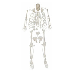 XC-130, XC-130 Disarticulated Skeleton with Skull, Disarticulated Skeleton with Skull, 3B Scientific XC-130 Disarticulated Skeleton with Skull elitetradebd, XC-BLS, XC-BLS Basic life support, BLS manikin (CPR & AED simulator) AED monitor, XC-101, XC-101 Life size skeleton (180 cm) with stand, XC-101 A, XC-101 A Skeleton (180 cm) Muscles & Ligaments, XC-101 E, XC-101 E Skeleton (180 cm) Flexible, XC-101 F, XC-101 F Flexible Skeleton with Ligaments, XC-102, XC-102 Skeleton (85 cm), XC-102 A, XC-102 A Skeleton (85 cm) with Spinal Nerves, XC-102 B, XC-102 B Skeleton (85 cm) with Spinal Nerves & Blood Vessel, XC-102 C, XC-102 C Skeleton (85 cm) with Painted Muscles, XC-102 CN, XC-102 CN Skeleton (85 cm) with Painted Muscles, XC-103, XC-103 Mini Skeleton, XC-104, XC-104 Life size Skull, XC-104 B, XC-104 B Life size Skull Painted, XC-104 C, XC-104 C Life size Skull colored bones, XC-104 D, XC-104 D Deluxe Life size Skull (Style D), XC-104 E, XC-104 E Skull with 8 parts Brain, XC-105, XC-105 Life size Vertebrae Column with Pelvis, XC-105 A, XC-105 A Vertebrae Column with Pelvis & Painted Muscles, XC-105 AN, XC-105 AN Vertebrae Column with Pelvis & Numbered Painted Muscles, XC-105 C, XC-105 C Didactic Flexible Vertebrae Column with Pelvis, XC-106, XC-106 Miniature Plastic Skull, XC-107, XC-107 Life size Vertebral column, XC-107 A, XC-107 A Vertebral column with painted muscles, XC-107 C, XC-107 C Didactic Vertebral column, XC-107 D, XC-107 D Vertebral column disarticulate model, XC-109, XC-109 Life size shoulder joint, XC-109 A, XC-109 A Life size muscled Shoulder joint, XC-110, XC-110 Life size Hip Joint, XC-111, XC-111 Life size Knee Joint, XC-112, XC-112 Life size Elbow Joint, XC-113, XC-113 Life size foot Joint, XC-113 A, XC-113 A Life size foot Joint with Ligaments, XC-114 Life size hand Joint, XC-114 A, XC-114 A Life size hand Joint with Ligaments, XC-115, XC-115 Life size pelvis with 5 pcs Lumber Vertebrae, XC-115 A, XC-115 A Half size pelvis with 5 pcs Lumber Vertebrae, XC-116, XC-116 Lumber set 2 Pcs, XC-117, XC-117 Lumber set 3 Pcs, XC-118, XC-118 Lumber set 4 Pcs, XC-119, XC-119 Life size lumber Vertebrae with sacrum & Coccyx & Herniated, XC-119 A, XC-119 A Mini Lumber Vertebrae with Sacrum & Coccyx & Herniated Disc, XC-120, XC-120 Thoracic Spinal Column, XC-121, XC-121 Life size Upper Extremity, XC-122, XC-122 Life size lower Extremity, XC-123, XC-123 Adult male Pelvis, XC-124, XC-124 Adult Female Pelvis, XC-125, XC-125 Female Pelvic Muscles & Organs, XC-126, XC-126 Life size vertebral clumn with pelvis & Femur head, XC-126A, XC-126A vertebral clumn with pelvis & Femur heads & Painted Muscies, XC-126AN, XC-126AN vertebral clumn with pelvis & Femur heads and numbered Painted Muscies, XC-126 C, XC-126 C Didactic vertebral clumn with pelvis & Femur head, XC-126 D, XC-126 D Flexible vertebral with removable Pelvis & Femur, XC-127, XC-127 Birth Demonstration, XC-128, XC-128 Life size pelvis with 2 Pcs Lumber Vertebrae, XC-130, XC-130 Disarticulated Skeleton with Skull, XC-133, XC-133 Cervical Vertebral Clumn with Nack Artery, XC-134, XC-134 Cutaway Osteoporosis, XC-135, XC-135 Skull with CervicalmSpine, XC-135 E, XC-135 E Skull with Brain and Cervical Spain 8 Parts, XC-201, XC-201 Male Torso (85 cm) 19 Parts, XC-202 A, XC-202 A Male Torso (42 cm) 13 Parts, XC-203, XC-203 Torso (26 cm) 15 Parts, XC-204, XC-204 Unisex Torso (85 cm) 23 Parts, XC-205, XC-205 Unisex Torso (45 cm) 23 Parts, XC-206, XC-206 Sexless Torso (85 cm) 20 Parts, XC-207, XC-207 Sexless Torso (42 cm) 18 Parts, XC-208, XC-208 Unisex Torso (85 cm) 40 Parts, XC-209, XC-209 Unisex Torso (85 cm) 20 Parts, XC-210, XC-210 Unisex Torso (85 cm) 30 Parts, XC-301, XC-301 Magnified Human Lartnx, XC-302, XC-302 Magnified Pulmonary Alveoli, XC-303 A, XC-303 A Giant Ear, XC-303 B, XC-303 B Middle Ear, XC-303 C, XC-303 C New Style Giant Ear, XC-303 D, XC-303 D Desktop Ear, XC-304, XC-304 Brain, XC-304 A, XC-304 A New Style Brain, XC-304 B, XC-304 B Brain, XC-305, XC-305 Expansion of Human Teeth, XC-306, XC-306 Stomach, XC-307, XC-307 Jumbo Heart, XC-307 A, XC-307 A Life size Heart, XC-307 B, XC-307 B New style life size heart, XC-307C, XC-307C New style Jumbo Heart, XC-307 D, XC-307 D Middle Heart, XC-308, XC-308 Brain with Arteries, XC-308 A, XC-308 A Brain with Arterial, XC-308 D, XC-308 D Brain with Arterial 9 Parts, XC-309, XC-309 Anatomy Nasal Cavity, XC-310-1, XC-310-1 Kidney, XC-310-2, XC-310-2 Kidney 2 Parts, XC-310-3, XC-310-3 Kidney with Adrenal Gland, XC-310-4, XC-310-4 Enlarged Kidney, XC-311, XC-311 Liver, Pancreas & Duodenum, XC-312, XC-312 Liver, XC-313, XC-313 Enlarge Skin, XC-313-2, XC-313-2 Skin Block, XC-313-3, XC-313-3 Skin Section, XC-315, XC-315 Digestive System, XC-316, XC-316 Giant Eye, XC-316 A, XC-316 A Giant Eye A, XC-316 B, XC-316 B Eye with Orbit, XC-317, XC-317 Expansion of Urinary Bladder, XC-318, XC-318 Brain with Arteries on Head, XC-318 B, XC-318 B Head with Brain, XC-319, XC-319 Median section of the Head, XC-319 A, XC-319 A Frontal Section & Median Section of the Head, XC-319 B, XC-319 B Frontal section of Head, XC-320, XC-320 Larynx, Heart & Lung, XC-321, XC-321 Lung, XC-321 B, XC-321 B Lung, XC-322, XC-322 Circulatory system, XC-324, XC-324 The Head, XC-325, XC-325 Plam Anatomy, XC-326, XC-326 Normal Flat & Arched Foot, XC-330, XC-330 Transparent Lung Segment, XC-331, XC-331 Male Urogenital system, XC-331 A, XC-331 A Human male Pelvis section Part 1, XC-331 B, XC-331 B Human male Pelvis section Part 2, XC-331 C, XC-331 C Advanced Male internal & external Gental Organs, XC-331 D, XC-331 D Male Gental Organ, XC-332, XC-332 Female Urogenital System, XC-332 A, XC-332 A Female Pelvis section 1 Part, XC-332 B, XC-332 B Female Pelvis section 4 Parts, XC-332 B-1, XC-332 B-1Female Pelvis section 2 Part2, XC-332 C, XC-332 C Advanced Female internal & external Gental Organ, XC-332 D, XC-332 D Female Pelvis, XC-333, XC-333 Urinary system, XC-334, XC-334 Human (80 cm) Muscles Male (27 Parts), XC-335, XC-335 Human Muscles 50 cm 1 Part, XC-336, XC-336 Muscles of human Arm 7 parts, XC-337, XC-337 Muscles of Lower Limb 13 Parts, XC-338, XC-338 Life size human Muscle foot (7 parts), XC-401, XC 401Multifunctional patient care Manikin, XC-401 A, XC-401 A High quality Nurse Trainning Doll (Male), XC-401 A-1, XC-401 A-1 New style High quality Nurse Trainning Doll (Male), XC-401 A-2, XC-401 A-2 Advanced Nurse Trainning Doll (with BP Trainning Arm Male), XC-401 B, XC-401 B High quality Nurse Trainning Doll (Female), XC-401 B-1, XC-401 B-1 New style High quality Nurse Trainning Doll (Female), XC-401 B-2, XC-401 B-2 Advanced Nurse trainning doll (with BP Trainning Arm Female), XC-401 C, XC-401 C Advanced Multifunctional Nursing Trainning Doll, XC-401 D, XC-401 D Advanced Trauma Simulator, XC-401 D-1, XC-401 D-1 Advance Trauma Accessories, XC-401 M, XC-401 M Multifunctional patient care Manikin (Male), XC-402, XC-402 Course of delivery, XC-402 A, XC-402 A Advanced Course of delivery, XC-402 A-1, XC-402 A-1 Delivery Machine, XC-403, XC-403 Dental Care (28 teeth), XC-403 A, XC-403 A Dental Care (32 teeth), XC-403 B, XC-403 B Small Dental Care (28 teeth), XC-403 C, XC-403 C Small Dental Care (32 teeth), XC-403 D, XC-403 D Dental Care with Cheek, XC-404, XC-404 Basic CPR Trainning (half Body), XC-404 A, XC-404 A Half body CPR Trainninf (male), XC-404 B, XC-404 B Half body CPR Trainninf (Female), XC-405, XC-405 Nurse Basic Practice Teaching 5 parts, XC-405 A, XC-405 A Simple male Urethral catheterization simulator, XC-405 B, XC-405 B Simple Female Urethral catheterization simulator, XC-405-2, XC-405-2 Transparent gastric lavage model, XC-406-1, XC-406-1 Whole body basic CPR Manikin style 100 (Male/Female), XC-406-2, XC-406-2 Whole body basic CPR Manikin style 200 (Male/Female), XC-406-5, XC-406-5 Whole body basic CPR Manikin style 500 (Male/Female), XC-406-5 Plus, XC-406-5 Plus New style CPR Trainning Manikin, XC-406A 5 Plus, XC-406A 5 Plus Whole advanced CPR Manikin style 500 (Female), XC-407, XC-407 Human Trachea Intubation, XC-407 A, XC-407 A Advanced Human Trachea Intubation, XC-408, XC-408 Electronic Urinary, XC-408 C, XC-408 C Advanced male Urethral Catheterization simulator, XC-408 D, XC-408 D Advanced female Urethral Catheterization simulator, XC-408 E, XC-408 E Transparant male Urethral Catheterization simulator, XC-408 F, XC-408 F Transparent female Urethral Catheterization simulator, XC-409, XC-409 New Born baby, XC-409 A, XC-409 A New style New Born baby, XC-409A-1, XC-409A-1 New style New Born baby model (Girl), XC-409 B, XC-409 B Advanced New Born care, XC-409 C, XC-409 C Advanced neonate Umbilical cord, XC-409 C-1, XC-409 C-1 Umbilical Cord, XC-409 D, XC-409 D Tracheostomy care infant, XC-409 E, XC-409 E Neonate scalp venipuncture, XC-410, XC-410 New born Intubation, XC-410 A, XC-410 A Infant Intubation trainning, XC-411, XC-411 Gynecological Trainning simulator, XC-412, XC-412 Advanced maternity, XC-414, XC-414 Development process for ferus, XC-414 A, XC-414 A The development process for ferus (half size), XC-416, XC-416 New born CPR Trainning manikin, XC-417, XC-417 Conception Guidance, XC-417 A, XC-417 A Female Contraception Guidance, XC-417 B, XC-417 B Male Condom Simulator (Transparent Base), XC-418, XC-418 Breast Examination, XC-418 B, XC-418 B Lactation Trainning model, Xincheng Scientific Industries Co., Ltd, Xincheng Scientific Model, Xincheng Scientific Human model, Xincheng Scientific Human body models, Models, Charts, Human body charts, China Models, China Chart, XC-BLS price in bd, XC-BLS Basic life support price in bd, BLS manikin (CPR & AED simulator) AED monitor price in bd, XC-101 price in bd, XC-101 Life size skeleton (180 cm) with stand price in bd, XC-101 A price in bd, XC-101 A Skeleton (180 cm) Muscles & Ligaments price in bd, XC-101 E price in bd, XC-101 E Skeleton (180 cm) Flexible price in bd, XC-101 F price in bd, XC-101 F Flexible Skeleton with Ligaments price in bd, XC-102 price in bd, XC-102 Skeleton (85 cm) price in bd, XC-102 A price in bd, XC-102 A Skeleton (85 cm) with Spinal Nerves price in bd, XC-102 B price in bd, XC-102 B Skeleton (85 cm) with Spinal Nerves & Blood Vessel price in bd, XC-102 C price in bd, XC-102 C Skeleton (85 cm) with Painted Muscles price in bd, XC-102 CN price in bd, XC-102 CN Skeleton (85 cm) with Painted Muscles price in bd, XC-103 price in bd, XC-103 Mini Skeleton price in bd, XC-104 price in bd, XC-104 Life size Skull price in bd, XC-104 B price in bd, XC-104 B Life size Skull Painted price in bd, XC-104 C price in bd, XC-104 C Life size Skull colored bones price in bd, XC-104 D price in bd, XC-104 D Deluxe Life size Skull (Style D) price in bd, XC-104 E price in bd, XC-104 E Skull with 8 parts Brain price in bd, XC-105 price in bd, XC-105 Life size Vertebrae Column with Pelvis price in bd, XC-105 A price in bd, XC-105 A Vertebrae Column with Pelvis & Painted Muscles price in bd, XC-105 AN price in bd, XC-105 AN Vertebrae Column with Pelvis & Numbered Painted Muscles price in bd, XC-105 C price in bd, XC-105 C Didactic Flexible Vertebrae Column with Pelvis price in bd, XC-106 price in bd, XC-106 Miniature Plastic Skull price in bd, XC-107 price in bd, XC-107 Life size Vertebral column price in bd, XC-107 A price in bd, XC-107 A Vertebral column with painted muscles price in bd, XC-107 C price in bd, XC-107 C Didactic Vertebral column price in bd, XC-107 D price in bd, XC-107 D Vertebral column disarticulate model price in bd, XC-109 price in bd, XC-109 Life size shoulder joint price in bd, XC-109 A price in bd, XC-109 A Life size muscled Shoulder joint price in bd, XC-110 price in bd, XC-110 Life size Hip Joint price in bd, XC-111 price in bd, XC-111 Life size Knee Joint price in bd, XC-112 price in bd, XC-112 Life size Elbow Joint price in bd, XC-113 price in bd, XC-113 Life size foot Joint price in bd, XC-113 A price in bd, XC-113 A Life size foot Joint with Ligaments price in bd, XC-114 Life size hand Joint price in bd, XC-114 A price in bd, XC-114 A Life size hand Joint with Ligaments price in bd, XC-115 price in bd, XC-115 Life size pelvis with 5 pcs Lumber Vertebrae price in bd, XC-115 A price in bd, XC-115 A Half size pelvis with 5 pcs Lumber Vertebrae price in bd, XC-116 price in bd, XC-116 Lumber set 2 Pcs price in bd, XC-117 price in bd, XC-117 Lumber set 3 Pcs price in bd, XC-118 price in bd, XC-118 Lumber set 4 Pcs price in bd, XC-119 price in bd, XC-119 Life size lumber Vertebrae with sacrum & Coccyx & Herniated price in bd, XC-119 A price in bd, XC-119 A Mini Lumber Vertebrae with Sacrum & Coccyx & Herniated Disc price in bd, XC-120 price in bd, XC-120 Thoracic Spinal Column price in bd, XC-121 price in bd, XC-121 Life size Upper Extremity price in bd, XC-122 price in bd, XC-122 Life size lower Extremity price in bd, XC-123 price in bd, XC-123 Adult male Pelvis price in bd, XC-124 price in bd, XC-124 Adult Female Pelvis price in bd, XC-125 price in bd, XC-125 Female Pelvic Muscles & Organs price in bd, XC-126 price in bd, XC-126 Life size vertebral clumn with pelvis & Femur head price in bd, XC-126A price in bd, XC-126A vertebral clumn with pelvis & Femur heads & Painted Muscies price in bd, XC-126AN price in bd, XC-126AN vertebral clumn with pelvis & Femur heads and numbered Painted Muscies price in bd, XC-126 C price in bd, XC-126 C Didactic vertebral clumn with pelvis & Femur head price in bd, XC-126 D price in bd, XC-126 D Flexible vertebral with removable Pelvis & Femur price in bd, XC-127 price in bd, XC-127 Birth Demonstration price in bd, XC-128 price in bd, XC-128 Life size pelvis with 2 Pcs Lumber Vertebrae price in bd, XC-130 price in bd, XC-130 Disarticulated Skeleton with Skull price in bd, XC-133 price in bd, XC-133 Cervical Vertebral Clumn with Nack Artery price in bd, XC-134 price in bd, XC-134 Cutaway Osteoporosis price in bd, XC-135 price in bd, XC-135 Skull with CervicalmSpine price in bd, XC-135 E price in bd, XC-135 E Skull with Brain and Cervical Spain 8 Parts price in bd, XC-201 price in bd, XC-201 Male Torso (85 cm) 19 Parts price in bd, XC-202 A price in bd, XC-202 A Male Torso (42 cm) 13 Parts price in bd, XC-203 price in bd, XC-203 Torso (26 cm) 15 Parts price in bd, XC-204 price in bd, XC-204 Unisex Torso (85 cm) 23 Parts price in bd, XC-205 price in bd, XC-205 Unisex Torso (45 cm) 23 Parts price in bd, XC-206 price in bd, XC-206 Sexless Torso (85 cm) 20 Parts price in bd, XC-207 price in bd, XC-207 Sexless Torso (42 cm) 18 Parts price in bd, XC-208 price in bd, XC-208 Unisex Torso (85 cm) 40 Parts price in bd, XC-209 price in bd, XC-209 Unisex Torso (85 cm) 20 Parts price in bd, XC-210 price in bd, XC-210 Unisex Torso (85 cm) 30 Parts price in bd, XC-301 price in bd, XC-301 Magnified Human Lartnx price in bd, XC-302 price in bd, XC-302 Magnified Pulmonary Alveoli price in bd, XC-303 A price in bd, XC-303 A Giant Ear price in bd, XC-303 B price in bd, XC-303 B Middle Ear price in bd, XC-303 C price in bd, XC-303 C New Style Giant Ear price in bd, XC-303 D price in bd, XC-303 D Desktop Ear price in bd, XC-304 price in bd, XC-304 Brain price in bd, XC-304 A price in bd, XC-304 A New Style Brain price in bd, XC-304 B price in bd, XC-304 B Brain price in bd, XC-305 price in bd, XC-305 Expansion of Human Teeth price in bd, XC-306 price in bd, XC-306 Stomach price in bd, XC-307 price in bd, XC-307 Jumbo Heart price in bd, XC-307 A price in bd, XC-307 A Life size Heart price in bd, XC-307 B price in bd, XC-307 B New style life size heart price in bd, XC-307C price in bd, XC-307C New style Jumbo Heart price in bd, XC-307 D price in bd, XC-307 D Middle Heart price in bd, XC-308 price in bd, XC-308 Brain with Arteries price in bd, XC-308 A price in bd, XC-308 A Brain with Arterial price in bd, XC-308 D price in bd, XC-308 D Brain with Arterial 9 Parts price in bd, XC-309 price in bd, XC-309 Anatomy Nasal Cavity price in bd, XC-310-1 price in bd, XC-310-1 Kidney price in bd, XC-310-2 price in bd, XC-310-2 Kidney 2 Parts price in bd, XC-310-3 price in bd, XC-310-3 Kidney with Adrenal Gland price in bd, XC-310-4 price in bd, XC-310-4 Enlarged Kidney price in bd, XC-311 price in bd, XC-311 Liver price in bd, Pancreas & Duodenum price in bd, XC-312 price in bd, XC-312 Liver price in bd, XC-313 price in bd, XC-313 Enlarge Skin price in bd, XC-313-2 price in bd, XC-313-2 Skin Block price in bd, XC-313-3 price in bd, XC-313-3 Skin Section price in bd, XC-315 price in bd, XC-315 Digestive System price in bd, XC-316 price in bd, XC-316 Giant Eye price in bd, XC-316 A price in bd, XC-316 A Giant Eye A price in bd, XC-316 B price in bd, XC-316 B Eye with Orbit price in bd, XC-317 price in bd, XC-317 Expansion of Urinary Bladder price in bd, XC-318 price in bd, XC-318 Brain with Arteries on Head price in bd, XC-318 B price in bd, XC-318 B Head with Brain price in bd, XC-319 price in bd, XC-319 Median section of the Head price in bd, XC-319 A price in bd, XC-319 A Frontal Section & Median Section of the Head price in bd, XC-319 B price in bd, XC-319 B Frontal section of Head price in bd, XC-320 price in bd, XC-320 Larynx price in bd, Heart & Lung price in bd, XC-321 price in bd, XC-321 Lung price in bd, XC-321 B price in bd, XC-321 B Lung price in bd, XC-322 price in bd, XC-322 Circulatory system price in bd, XC-324 price in bd, XC-324 The Head price in bd, XC-325 price in bd, XC-325 Plam Anatomy price in bd, XC-326 price in bd, XC-326 Normal Flat & Arched Foot price in bd, XC-330 price in bd, XC-330 Transparent Lung Segment price in bd, XC-331 price in bd, XC-331 Male Urogenital system price in bd, XC-331 A price in bd, XC-331 A Human male Pelvis section Part 1 price in bd, XC-331 B price in bd, XC-331 B Human male Pelvis section Part 2 price in bd, XC-331 C price in bd, XC-331 C Advanced Male internal & external Gental Organs price in bd, XC-331 D price in bd, XC-331 D Male Gental Organ price in bd, XC-332 price in bd, XC-332 Female Urogenital System price in bd, XC-332 A price in bd, XC-332 A Female Pelvis section 1 Part price in bd, XC-332 B price in bd, XC-332 B Female Pelvis section 4 Parts price in bd, XC-332 B-1 price in bd, XC-332 B-1Female Pelvis section 2 Part2 price in bd, XC-332 C price in bd, XC-332 C Advanced Female internal & external Gental Organ price in bd, XC-332 D price in bd, XC-332 D Female Pelvis price in bd, XC-333 price in bd, XC-333 Urinary system price in bd, XC-334 price in bd, XC-334 Human (80 cm) Muscles Male (27 Parts) price in bd, XC-335 price in bd, XC-335 Human Muscles 50 cm 1 Part price in bd, XC-336 price in bd, XC-336 Muscles of human Arm 7 parts price in bd, XC-337 price in bd, XC-337 Muscles of Lower Limb 13 Parts price in bd, XC-338 price in bd, XC-338 Life size human Muscle foot (7 parts) price in bd, XC-401 price in bd, XC 401Multifunctional patient care Manikin price in bd, XC-401 A price in bd, XC-401 A High quality Nurse Trainning Doll (Male) price in bd, XC-401 A-1 price in bd, XC-401 A-1 New style High quality Nurse Trainning Doll (Male) price in bd, XC-401 A-2 price in bd, XC-401 A-2 Advanced Nurse Trainning Doll (with BP Trainning Arm Male) price in bd, XC-401 B price in bd, XC-401 B High quality Nurse Trainning Doll (Female) price in bd, XC-401 B-1 price in bd, XC-401 B-1 New style High quality Nurse Trainning Doll (Female) price in bd, XC-401 B-2 price in bd, XC-401 B-2 Advanced Nurse trainning doll (with BP Trainning Arm Female) price in bd, XC-401 C price in bd, XC-401 C Advanced Multifunctional Nursing Trainning Doll price in bd, XC-401 D price in bd, XC-401 D Advanced Trauma Simulator price in bd, XC-401 D-1 price in bd, XC-401 D-1 Advance Trauma Accessories price in bd, XC-401 M price in bd, XC-401 M Multifunctional patient care Manikin (Male) price in bd, XC-402 price in bd, XC-402 Course of delivery price in bd, XC-402 A price in bd, XC-402 A Advanced Course of delivery price in bd, XC-402 A-1 price in bd, XC-402 A-1 Delivery Machine price in bd, XC-403 price in bd, XC-403 Dental Care (28 teeth) price in bd, XC-403 A price in bd, XC-403 A Dental Care (32 teeth) price in bd, XC-403 B price in bd, XC-403 B Small Dental Care (28 teeth) price in bd, XC-403 C price in bd, XC-403 C Small Dental Care (32 teeth) price in bd, XC-403 D price in bd, XC-403 D Dental Care with Cheek price in bd, XC-404 price in bd, XC-404 Basic CPR Trainning (half Body) price in bd, XC-404 A price in bd, XC-404 A Half body CPR Trainninf (male) price in bd, XC-404 B price in bd, XC-404 B Half body CPR Trainninf (Female) price in bd, XC-405 price in bd, XC-405 Nurse Basic Practice Teaching 5 parts price in bd, XC-405 A price in bd, XC-405 A Simple male Urethral catheterization simulator price in bd, XC-405 B price in bd, XC-405 B Simple Female Urethral catheterization simulator price in bd, XC-405-2 price in bd, XC-405-2 Transparent gastric lavage model price in bd, XC-406-1 price in bd, XC-406-1 Whole body basic CPR Manikin style 100 (Male/Female) price in bd, XC-406-2 price in bd, XC-406-2 Whole body basic CPR Manikin style 200 (Male/Female) price in bd, XC-406-5 price in bd, XC-406-5 Whole body basic CPR Manikin style 500 (Male/Female) price in bd, XC-406-5 Plus price in bd, XC-406-5 Plus New style CPR Trainning Manikin price in bd, XC-406A 5 Plus price in bd, XC-406A 5 Plus Whole advanced CPR Manikin style 500 (Female) price in bd, XC-407 price in bd, XC-407 Human Trachea Intubation price in bd, XC-407 A price in bd, XC-407 A Advanced Human Trachea Intubation price in bd, XC-408 price in bd, XC-408 Electronic Urinary price in bd, XC-408 C price in bd, XC-408 C Advanced male Urethral Catheterization simulator price in bd, XC-408 D price in bd, XC-408 D Advanced female Urethral Catheterization simulator price in bd, XC-408 E price in bd, XC-408 E Transparant male Urethral Catheterization simulator price in bd, XC-408 F price in bd, XC-408 F Transparent female Urethral Catheterization simulator price in bd, XC-409 price in bd, XC-409 New Born baby price in bd, XC-409 A price in bd, XC-409 A New style New Born baby price in bd, XC-409A-1 price in bd, XC-409A-1 New style New Born baby model (Girl) price in bd, XC-409 B price in bd, XC-409 B Advanced New Born care price in bd, XC-409 C price in bd, XC-409 C Advanced neonate Umbilical cord price in bd, XC-409 C-1 price in bd, XC-409 C-1 Umbilical Cord price in bd, XC-409 D price in bd, XC-409 D Tracheostomy care infant price in bd, XC-409 E price in bd, XC-409 E Neonate scalp venipuncture price in bd, XC-410 price in bd, XC-410 New born Intubation price in bd, XC-410 A price in bd, XC-410 A Infant Intubation trainning price in bd, XC-411 price in bd, XC-411 Gynecological Trainning simulator price in bd, XC-412 price in bd, XC-412 Advanced maternity price in bd, XC-414 price in bd, XC-414 Development process for ferus price in bd, XC-414 A price in bd, XC-414 A The development process for ferus (half size) price in bd, XC-416 price in bd, XC-416 New born CPR Trainning manikin price in bd, XC-417 price in bd, XC-417 Conception Guidance price in bd, XC-417 A price in bd, XC-417 A Female Contraception Guidance price in bd, XC-417 B price in bd, XC-417 B Male Condom Simulator (Transparent Base) price in bd, XC-418 price in bd, XC-418 Breast Examination price in bd, XC-418 B price in bd, XC-418 B Lactation Trainning model price in bd, XC-BLS saler in bd, XC-BLS Basic life support saler in bd, BLS manikin (CPR & AED simulator) AED monitor saler in bd, XC-101 saler in bd, XC-101 Life size skeleton (180 cm) with stand saler in bd, XC-101 A saler in bd, XC-101 A Skeleton (180 cm) Muscles & Ligaments saler in bd, XC-101 E saler in bd, XC-101 E Skeleton (180 cm) Flexible saler in bd, XC-101 F saler in bd, XC-101 F Flexible Skeleton with Ligaments saler in bd, XC-102 saler in bd, XC-102 Skeleton (85 cm) saler in bd, XC-102 A saler in bd, XC-102 A Skeleton (85 cm) with Spinal Nerves saler in bd, XC-102 B saler in bd, XC-102 B Skeleton (85 cm) with Spinal Nerves & Blood Vessel saler in bd, XC-102 C saler in bd, XC-102 C Skeleton (85 cm) with Painted Muscles saler in bd, XC-102 CN saler in bd, XC-102 CN Skeleton (85 cm) with Painted Muscles saler in bd, XC-103 saler in bd, XC-103 Mini Skeleton saler in bd, XC-104 saler in bd, XC-104 Life size Skull saler in bd, XC-104 B saler in bd, XC-104 B Life size Skull Painted saler in bd, XC-104 C saler in bd, XC-104 C Life size Skull colored bones saler in bd, XC-104 D saler in bd, XC-104 D Deluxe Life size Skull (Style D) saler in bd, XC-104 E saler in bd, XC-104 E Skull with 8 parts Brain saler in bd, XC-105 saler in bd, XC-105 Life size Vertebrae Column with Pelvis saler in bd, XC-105 A saler in bd, XC-105 A Vertebrae Column with Pelvis & Painted Muscles saler in bd, XC-105 AN saler in bd, XC-105 AN Vertebrae Column with Pelvis & Numbered Painted Muscles saler in bd, XC-105 C saler in bd, XC-105 C Didactic Flexible Vertebrae Column with Pelvis saler in bd, XC-106 saler in bd, XC-106 Miniature Plastic Skull saler in bd, XC-107 saler in bd, XC-107 Life size Vertebral column saler in bd, XC-107 A saler in bd, XC-107 A Vertebral column with painted muscles saler in bd, XC-107 C saler in bd, XC-107 C Didactic Vertebral column saler in bd, XC-107 D saler in bd, XC-107 D Vertebral column disarticulate model saler in bd, XC-109 saler in bd, XC-109 Life size shoulder joint saler in bd, XC-109 A saler in bd, XC-109 A Life size muscled Shoulder joint saler in bd, XC-110 saler in bd, XC-110 Life size Hip Joint saler in bd, XC-111 saler in bd, XC-111 Life size Knee Joint saler in bd, XC-112 saler in bd, XC-112 Life size Elbow Joint saler in bd, XC-113 saler in bd, XC-113 Life size foot Joint saler in bd, XC-113 A saler in bd, XC-113 A Life size foot Joint with Ligaments saler in bd, XC-114 Life size hand Joint saler in bd, XC-114 A saler in bd, XC-114 A Life size hand Joint with Ligaments saler in bd, XC-115 saler in bd, XC-115 Life size pelvis with 5 pcs Lumber Vertebrae saler in bd, XC-115 A saler in bd, XC-115 A Half size pelvis with 5 pcs Lumber Vertebrae saler in bd, XC-116 saler in bd, XC-116 Lumber set 2 Pcs saler in bd, XC-117 saler in bd, XC-117 Lumber set 3 Pcs saler in bd, XC-118 saler in bd, XC-118 Lumber set 4 Pcs saler in bd, XC-119 saler in bd, XC-119 Life size lumber Vertebrae with sacrum & Coccyx & Herniated saler in bd, XC-119 A saler in bd, XC-119 A Mini Lumber Vertebrae with Sacrum & Coccyx & Herniated Disc saler in bd, XC-120 saler in bd, XC-120 Thoracic Spinal Column saler in bd, XC-121 saler in bd, XC-121 Life size Upper Extremity saler in bd, XC-122 saler in bd, XC-122 Life size lower Extremity saler in bd, XC-123 saler in bd, XC-123 Adult male Pelvis saler in bd, XC-124 saler in bd, XC-124 Adult Female Pelvis saler in bd, XC-125 saler in bd, XC-125 Female Pelvic Muscles & Organs saler in bd, XC-126 saler in bd, XC-126 Life size vertebral clumn with pelvis & Femur head saler in bd, XC-126A saler in bd, XC-126A vertebral clumn with pelvis & Femur heads & Painted Muscies saler in bd, XC-126AN saler in bd, XC-126AN vertebral clumn with pelvis & Femur heads and numbered Painted Muscies saler in bd, XC-126 C saler in bd, XC-126 C Didactic vertebral clumn with pelvis & Femur head saler in bd, XC-126 D saler in bd, XC-126 D Flexible vertebral with removable Pelvis & Femur saler in bd, XC-127 saler in bd, XC-127 Birth Demonstration saler in bd, XC-128 saler in bd, XC-128 Life size pelvis with 2 Pcs Lumber Vertebrae saler in bd, XC-130 saler in bd, XC-130 Disarticulated Skeleton with Skull saler in bd, XC-133 saler in bd, XC-133 Cervical Vertebral Clumn with Nack Artery saler in bd, XC-134 saler in bd, XC-134 Cutaway Osteoporosis saler in bd, XC-135 saler in bd, XC-135 Skull with CervicalmSpine saler in bd, XC-135 E saler in bd, XC-135 E Skull with Brain and Cervical Spain 8 Parts saler in bd, XC-201 saler in bd, XC-201 Male Torso (85 cm) 19 Parts saler in bd, XC-202 A saler in bd, XC-202 A Male Torso (42 cm) 13 Parts saler in bd, XC-203 saler in bd, XC-203 Torso (26 cm) 15 Parts saler in bd, XC-204 saler in bd, XC-204 Unisex Torso (85 cm) 23 Parts saler in bd, XC-205 saler in bd, XC-205 Unisex Torso (45 cm) 23 Parts saler in bd, XC-206 saler in bd, XC-206 Sexless Torso (85 cm) 20 Parts saler in bd, XC-207 saler in bd, XC-207 Sexless Torso (42 cm) 18 Parts saler in bd, XC-208 saler in bd, XC-208 Unisex Torso (85 cm) 40 Parts saler in bd, XC-209 saler in bd, XC-209 Unisex Torso (85 cm) 20 Parts saler in bd, XC-210 saler in bd, XC-210 Unisex Torso (85 cm) 30 Parts saler in bd, XC-301 saler in bd, XC-301 Magnified Human Lartnx saler in bd, XC-302 saler in bd, XC-302 Magnified Pulmonary Alveoli saler in bd, XC-303 A saler in bd, XC-303 A Giant Ear saler in bd, XC-303 B saler in bd, XC-303 B Middle Ear saler in bd, XC-303 C saler in bd, XC-303 C New Style Giant Ear saler in bd, XC-303 D saler in bd, XC-303 D Desktop Ear saler in bd, XC-304 saler in bd, XC-304 Brain saler in bd, XC-304 A saler in bd, XC-304 A New Style Brain saler in bd, XC-304 B saler in bd, XC-304 B Brain saler in bd, XC-305 saler in bd, XC-305 Expansion of Human Teeth saler in bd, XC-306 saler in bd, XC-306 Stomach saler in bd, XC-307 saler in bd, XC-307 Jumbo Heart saler in bd, XC-307 A saler in bd, XC-307 A Life size Heart saler in bd, XC-307 B saler in bd, XC-307 B New style life size heart saler in bd, XC-307C saler in bd, XC-307C New style Jumbo Heart saler in bd, XC-307 D saler in bd, XC-307 D Middle Heart saler in bd, XC-308 saler in bd, XC-308 Brain with Arteries saler in bd, XC-308 A saler in bd, XC-308 A Brain with Arterial saler in bd, XC-308 D saler in bd, XC-308 D Brain with Arterial 9 Parts saler in bd, XC-309 saler in bd, XC-309 Anatomy Nasal Cavity saler in bd, XC-310-1 saler in bd, XC-310-1 Kidney saler in bd, XC-310-2 saler in bd, XC-310-2 Kidney 2 Parts saler in bd, XC-310-3 saler in bd, XC-310-3 Kidney with Adrenal Gland saler in bd, XC-310-4 saler in bd, XC-310-4 Enlarged Kidney saler in bd, XC-311 saler in bd, XC-311 Liver saler in bd, Pancreas & Duodenum saler in bd, XC-312 saler in bd, XC-312 Liver saler in bd, XC-313 saler in bd, XC-313 Enlarge Skin saler in bd, XC-313-2 saler in bd, XC-313-2 Skin Block saler in bd, XC-313-3 saler in bd, XC-313-3 Skin Section saler in bd, XC-315 saler in bd, XC-315 Digestive System saler in bd, XC-316 saler in bd, XC-316 Giant Eye saler in bd, XC-316 A saler in bd, XC-316 A Giant Eye A saler in bd, XC-316 B saler in bd, XC-316 B Eye with Orbit saler in bd, XC-317 saler in bd, XC-317 Expansion of Urinary Bladder saler in bd, XC-318 saler in bd, XC-318 Brain with Arteries on Head saler in bd, XC-318 B saler in bd, XC-318 B Head with Brain saler in bd, XC-319 saler in bd, XC-319 Median section of the Head saler in bd, XC-319 A saler in bd, XC-319 A Frontal Section & Median Section of the Head saler in bd, XC-319 B saler in bd, XC-319 B Frontal section of Head saler in bd, XC-320 saler in bd, XC-320 Larynx saler in bd, Heart & Lung saler in bd, XC-321 saler in bd, XC-321 Lung saler in bd, XC-321 B saler in bd, XC-321 B Lung saler in bd, XC-322 saler in bd, XC-322 Circulatory system saler in bd, XC-324 saler in bd, XC-324 The Head saler in bd, XC-325 saler in bd, XC-325 Plam Anatomy saler in bd, XC-326 saler in bd, XC-326 Normal Flat & Arched Foot saler in bd, XC-330 saler in bd, XC-330 Transparent Lung Segment saler in bd, XC-331 saler in bd, XC-331 Male Urogenital system saler in bd, XC-331 A saler in bd, XC-331 A Human male Pelvis section Part 1 saler in bd, XC-331 B saler in bd, XC-331 B Human male Pelvis section Part 2 saler in bd, XC-331 C saler in bd, XC-331 C Advanced Male internal & external Gental Organs saler in bd, XC-331 D saler in bd, XC-331 D Male Gental Organ saler in bd, XC-332 saler in bd, XC-332 Female Urogenital System saler in bd, XC-332 A saler in bd, XC-332 A Female Pelvis section 1 Part saler in bd, XC-332 B saler in bd, XC-332 B Female Pelvis section 4 Parts saler in bd, XC-332 B-1 saler in bd, XC-332 B-1Female Pelvis section 2 Part2 saler in bd, XC-332 C saler in bd, XC-332 C Advanced Female internal & external Gental Organ saler in bd, XC-332 D saler in bd, XC-332 D Female Pelvis saler in bd, XC-333 saler in bd, XC-333 Urinary system saler in bd, XC-334 saler in bd, XC-334 Human (80 cm) Muscles Male (27 Parts) saler in bd, XC-335 saler in bd, XC-335 Human Muscles 50 cm 1 Part saler in bd, XC-336 saler in bd, XC-336 Muscles of human Arm 7 parts saler in bd, XC-337 saler in bd, XC-337 Muscles of Lower Limb 13 Parts saler in bd, XC-338 saler in bd, XC-338 Life size human Muscle foot (7 parts) saler in bd, XC-401 saler in bd, XC 401Multifunctional patient care Manikin saler in bd, XC-401 A saler in bd, XC-401 A High quality Nurse Trainning Doll (Male) saler in bd, XC-401 A-1 saler in bd, XC-401 A-1 New style High quality Nurse Trainning Doll (Male) saler in bd, XC-401 A-2 saler in bd, XC-401 A-2 Advanced Nurse Trainning Doll (with BP Trainning Arm Male) saler in bd, XC-401 B saler in bd, XC-401 B High quality Nurse Trainning Doll (Female) saler in bd, XC-401 B-1 saler in bd, XC-401 B-1 New style High quality Nurse Trainning Doll (Female) saler in bd, XC-401 B-2 saler in bd, XC-401 B-2 Advanced Nurse trainning doll (with BP Trainning Arm Female) saler in bd, XC-401 C saler in bd, XC-401 C Advanced Multifunctional Nursing Trainning Doll saler in bd, XC-401 D saler in bd, XC-401 D Advanced Trauma Simulator saler in bd, XC-401 D-1 saler in bd, XC-401 D-1 Advance Trauma Accessories saler in bd, XC-401 M saler in bd, XC-401 M Multifunctional patient care Manikin (Male) saler in bd, XC-402 saler in bd, XC-402 Course of delivery saler in bd, XC-402 A saler in bd, XC-402 A Advanced Course of delivery saler in bd, XC-402 A-1 saler in bd, XC-402 A-1 Delivery Machine saler in bd, XC-403 saler in bd, XC-403 Dental Care (28 teeth) saler in bd, XC-403 A saler in bd, XC-403 A Dental Care (32 teeth) saler in bd, XC-403 B saler in bd, XC-403 B Small Dental Care (28 teeth) saler in bd, XC-403 C saler in bd, XC-403 C Small Dental Care (32 teeth) saler in bd, XC-403 D saler in bd, XC-403 D Dental Care with Cheek saler in bd, XC-404 saler in bd, XC-404 Basic CPR Trainning (half Body) saler in bd, XC-404 A saler in bd, XC-404 A Half body CPR Trainninf (male) saler in bd, XC-404 B saler in bd, XC-404 B Half body CPR Trainninf (Female) saler in bd, XC-405 saler in bd, XC-405 Nurse Basic Practice Teaching 5 parts saler in bd, XC-405 A saler in bd, XC-405 A Simple male Urethral catheterization simulator saler in bd, XC-405 B saler in bd, XC-405 B Simple Female Urethral catheterization simulator saler in bd, XC-405-2 saler in bd, XC-405-2 Transparent gastric lavage model saler in bd, XC-406-1 saler in bd, XC-406-1 Whole body basic CPR Manikin style 100 (Male/Female) saler in bd, XC-406-2 saler in bd, XC-406-2 Whole body basic CPR Manikin style 200 (Male/Female) saler in bd, XC-406-5 saler in bd, XC-406-5 Whole body basic CPR Manikin style 500 (Male/Female) saler in bd, XC-406-5 Plus saler in bd, XC-406-5 Plus New style CPR Trainning Manikin saler in bd, XC-406A 5 Plus saler in bd, XC-406A 5 Plus Whole advanced CPR Manikin style 500 (Female) saler in bd, XC-407 saler in bd, XC-407 Human Trachea Intubation saler in bd, XC-407 A saler in bd, XC-407 A Advanced Human Trachea Intubation saler in bd, XC-408 saler in bd, XC-408 Electronic Urinary saler in bd, XC-408 C saler in bd, XC-408 C Advanced male Urethral Catheterization simulator saler in bd, XC-408 D saler in bd, XC-408 D Advanced female Urethral Catheterization simulator saler in bd, XC-408 E saler in bd, XC-408 E Transparant male Urethral Catheterization simulator saler in bd, XC-408 F saler in bd, XC-408 F Transparent female Urethral Catheterization simulator saler in bd, XC-409 saler in bd, XC-409 New Born baby saler in bd, XC-409 A saler in bd, XC-409 A New style New Born baby saler in bd, XC-409A-1 saler in bd, XC-409A-1 New style New Born baby model (Girl) saler in bd, XC-409 B saler in bd, XC-409 B Advanced New Born care saler in bd, XC-409 C saler in bd, XC-409 C Advanced neonate Umbilical cord saler in bd, XC-409 C-1 saler in bd, XC-409 C-1 Umbilical Cord saler in bd, XC-409 D saler in bd, XC-409 D Tracheostomy care infant saler in bd, XC-409 E saler in bd, XC-409 E Neonate scalp venipuncture saler in bd, XC-410 saler in bd, XC-410 New born Intubation saler in bd, XC-410 A saler in bd, XC-410 A Infant Intubation trainning saler in bd, XC-411 saler in bd, XC-411 Gynecological Trainning simulator saler in bd, XC-412 saler in bd, XC-412 Advanced maternity saler in bd, XC-414 saler in bd, XC-414 Development process for ferus saler in bd, XC-414 A saler in bd, XC-414 A The development process for ferus (half size) saler in bd, XC-416 saler in bd, XC-416 New born CPR Trainning manikin saler in bd, XC-417 saler in bd, XC-417 Conception Guidance saler in bd, XC-417 A saler in bd, XC-417 A Female Contraception Guidance saler in bd, XC-417 B saler in bd, XC-417 B Male Condom Simulator (Transparent Base) saler in bd, XC-418 saler in bd, XC-418 Breast Examination saler in bd, XC-418 B saler in bd, XC-418 B Lactation Trainning model saler in bd, XC-BLS seller in bd, XC-BLS Basic life support seller in bd, BLS manikin (CPR & AED simulator) AED monitor seller in bd, XC-101 seller in bd, XC-101 Life size skeleton (180 cm) with stand seller in bd, XC-101 A seller in bd, XC-101 A Skeleton (180 cm) Muscles & Ligaments seller in bd, XC-101 E seller in bd, XC-101 E Skeleton (180 cm) Flexible seller in bd, XC-101 F seller in bd, XC-101 F Flexible Skeleton with Ligaments seller in bd, XC-102 seller in bd, XC-102 Skeleton (85 cm) seller in bd, XC-102 A seller in bd, XC-102 A Skeleton (85 cm) with Spinal Nerves seller in bd, XC-102 B seller in bd, XC-102 B Skeleton (85 cm) with Spinal Nerves & Blood Vessel seller in bd, XC-102 C seller in bd, XC-102 C Skeleton (85 cm) with Painted Muscles seller in bd, XC-102 CN seller in bd, XC-102 CN Skeleton (85 cm) with Painted Muscles seller in bd, XC-103 seller in bd, XC-103 Mini Skeleton seller in bd, XC-104 seller in bd, XC-104 Life size Skull seller in bd, XC-104 B seller in bd, XC-104 B Life size Skull Painted seller in bd, XC-104 C seller in bd, XC-104 C Life size Skull colored bones seller in bd, XC-104 D seller in bd, XC-104 D Deluxe Life size Skull (Style D) seller in bd, XC-104 E seller in bd, XC-104 E Skull with 8 parts Brain seller in bd, XC-105 seller in bd, XC-105 Life size Vertebrae Column with Pelvis seller in bd, XC-105 A seller in bd, XC-105 A Vertebrae Column with Pelvis & Painted Muscles seller in bd, XC-105 AN seller in bd, XC-105 AN Vertebrae Column with Pelvis & Numbered Painted Muscles seller in bd, XC-105 C seller in bd, XC-105 C Didactic Flexible Vertebrae Column with Pelvis seller in bd, XC-106 seller in bd, XC-106 Miniature Plastic Skull seller in bd, XC-107 seller in bd, XC-107 Life size Vertebral column seller in bd, XC-107 A seller in bd, XC-107 A Vertebral column with painted muscles seller in bd, XC-107 C seller in bd, XC-107 C Didactic Vertebral column seller in bd, XC-107 D seller in bd, XC-107 D Vertebral column disarticulate model seller in bd, XC-109 seller in bd, XC-109 Life size shoulder joint seller in bd, XC-109 A seller in bd, XC-109 A Life size muscled Shoulder joint seller in bd, XC-110 seller in bd, XC-110 Life size Hip Joint seller in bd, XC-111 seller in bd, XC-111 Life size Knee Joint seller in bd, XC-112 seller in bd, XC-112 Life size Elbow Joint seller in bd, XC-113 seller in bd, XC-113 Life size foot Joint seller in bd, XC-113 A seller in bd, XC-113 A Life size foot Joint with Ligaments seller in bd, XC-114 Life size hand Joint seller in bd, XC-114 A seller in bd, XC-114 A Life size hand Joint with Ligaments seller in bd, XC-115 seller in bd, XC-115 Life size pelvis with 5 pcs Lumber Vertebrae seller in bd, XC-115 A seller in bd, XC-115 A Half size pelvis with 5 pcs Lumber Vertebrae seller in bd, XC-116 seller in bd, XC-116 Lumber set 2 Pcs seller in bd, XC-117 seller in bd, XC-117 Lumber set 3 Pcs seller in bd, XC-118 seller in bd, XC-118 Lumber set 4 Pcs seller in bd, XC-119 seller in bd, XC-119 Life size lumber Vertebrae with sacrum & Coccyx & Herniated seller in bd, XC-119 A seller in bd, XC-119 A Mini Lumber Vertebrae with Sacrum & Coccyx & Herniated Disc seller in bd, XC-120 seller in bd, XC-120 Thoracic Spinal Column seller in bd, XC-121 seller in bd, XC-121 Life size Upper Extremity seller in bd, XC-122 seller in bd, XC-122 Life size lower Extremity seller in bd, XC-123 seller in bd, XC-123 Adult male Pelvis seller in bd, XC-124 seller in bd, XC-124 Adult Female Pelvis seller in bd, XC-125 seller in bd, XC-125 Female Pelvic Muscles & Organs seller in bd, XC-126 seller in bd, XC-126 Life size vertebral clumn with pelvis & Femur head seller in bd, XC-126A seller in bd, XC-126A vertebral clumn with pelvis & Femur heads & Painted Muscies seller in bd, XC-126AN seller in bd, XC-126AN vertebral clumn with pelvis & Femur heads and numbered Painted Muscies seller in bd, XC-126 C seller in bd, XC-126 C Didactic vertebral clumn with pelvis & Femur head seller in bd, XC-126 D seller in bd, XC-126 D Flexible vertebral with removable Pelvis & Femur seller in bd, XC-127 seller in bd, XC-127 Birth Demonstration seller in bd, XC-128 seller in bd, XC-128 Life size pelvis with 2 Pcs Lumber Vertebrae seller in bd, XC-130 seller in bd, XC-130 Disarticulated Skeleton with Skull seller in bd, XC-133 seller in bd, XC-133 Cervical Vertebral Clumn with Nack Artery seller in bd, XC-134 seller in bd, XC-134 Cutaway Osteoporosis seller in bd, XC-135 seller in bd, XC-135 Skull with CervicalmSpine seller in bd, XC-135 E seller in bd, XC-135 E Skull with Brain and Cervical Spain 8 Parts seller in bd, XC-201 seller in bd, XC-201 Male Torso (85 cm) 19 Parts seller in bd, XC-202 A seller in bd, XC-202 A Male Torso (42 cm) 13 Parts seller in bd, XC-203 seller in bd, XC-203 Torso (26 cm) 15 Parts seller in bd, XC-204 seller in bd, XC-204 Unisex Torso (85 cm) 23 Parts seller in bd, XC-205 seller in bd, XC-205 Unisex Torso (45 cm) 23 Parts seller in bd, XC-206 seller in bd, XC-206 Sexless Torso (85 cm) 20 Parts seller in bd, XC-207 seller in bd, XC-207 Sexless Torso (42 cm) 18 Parts seller in bd, XC-208 seller in bd, XC-208 Unisex Torso (85 cm) 40 Parts seller in bd, XC-209 seller in bd, XC-209 Unisex Torso (85 cm) 20 Parts seller in bd, XC-210 seller in bd, XC-210 Unisex Torso (85 cm) 30 Parts seller in bd, XC-301 seller in bd, XC-301 Magnified Human Lartnx seller in bd, XC-302 seller in bd, XC-302 Magnified Pulmonary Alveoli seller in bd, XC-303 A seller in bd, XC-303 A Giant Ear seller in bd, XC-303 B seller in bd, XC-303 B Middle Ear seller in bd, XC-303 C seller in bd, XC-303 C New Style Giant Ear seller in bd, XC-303 D seller in bd, XC-303 D Desktop Ear seller in bd, XC-304 seller in bd, XC-304 Brain seller in bd, XC-304 A seller in bd, XC-304 A New Style Brain seller in bd, XC-304 B seller in bd, XC-304 B Brain seller in bd, XC-305 seller in bd, XC-305 Expansion of Human Teeth seller in bd, XC-306 seller in bd, XC-306 Stomach seller in bd, XC-307 seller in bd, XC-307 Jumbo Heart seller in bd, XC-307 A seller in bd, XC-307 A Life size Heart seller in bd, XC-307 B seller in bd, XC-307 B New style life size heart seller in bd, XC-307C seller in bd, XC-307C New style Jumbo Heart seller in bd, XC-307 D seller in bd, XC-307 D Middle Heart seller in bd, XC-308 seller in bd, XC-308 Brain with Arteries seller in bd, XC-308 A seller in bd, XC-308 A Brain with Arterial seller in bd, XC-308 D seller in bd, XC-308 D Brain with Arterial 9 Parts seller in bd, XC-309 seller in bd, XC-309 Anatomy Nasal Cavity seller in bd, XC-310-1 seller in bd, XC-310-1 Kidney seller in bd, XC-310-2 seller in bd, XC-310-2 Kidney 2 Parts seller in bd, XC-310-3 seller in bd, XC-310-3 Kidney with Adrenal Gland seller in bd, XC-310-4 seller in bd, XC-310-4 Enlarged Kidney seller in bd, XC-311 seller in bd, XC-311 Liver seller in bd, Pancreas & Duodenum seller in bd, XC-312 seller in bd, XC-312 Liver seller in bd, XC-313 seller in bd, XC-313 Enlarge Skin seller in bd, XC-313-2 seller in bd, XC-313-2 Skin Block seller in bd, XC-313-3 seller in bd, XC-313-3 Skin Section seller in bd, XC-315 seller in bd, XC-315 Digestive System seller in bd, XC-316 seller in bd, XC-316 Giant Eye seller in bd, XC-316 A seller in bd, XC-316 A Giant Eye A seller in bd, XC-316 B seller in bd, XC-316 B Eye with Orbit seller in bd, XC-317 seller in bd, XC-317 Expansion of Urinary Bladder seller in bd, XC-318 seller in bd, XC-318 Brain with Arteries on Head seller in bd, XC-318 B seller in bd, XC-318 B Head with Brain seller in bd, XC-319 seller in bd, XC-319 Median section of the Head seller in bd, XC-319 A seller in bd, XC-319 A Frontal Section & Median Section of the Head seller in bd, XC-319 B seller in bd, XC-319 B Frontal section of Head seller in bd, XC-320 seller in bd, XC-320 Larynx seller in bd, Heart & Lung seller in bd, XC-321 seller in bd, XC-321 Lung seller in bd, XC-321 B seller in bd, XC-321 B Lung seller in bd, XC-322 seller in bd, XC-322 Circulatory system seller in bd, XC-324 seller in bd, XC-324 The Head seller in bd, XC-325 seller in bd, XC-325 Plam Anatomy seller in bd, XC-326 seller in bd, XC-326 Normal Flat & Arched Foot seller in bd, XC-330 seller in bd, XC-330 Transparent Lung Segment seller in bd, XC-331 seller in bd, XC-331 Male Urogenital system seller in bd, XC-331 A seller in bd, XC-331 A Human male Pelvis section Part 1 seller in bd, XC-331 B seller in bd, XC-331 B Human male Pelvis section Part 2 seller in bd, XC-331 C seller in bd, XC-331 C Advanced Male internal & external Gental Organs seller in bd, XC-331 D seller in bd, XC-331 D Male Gental Organ seller in bd, XC-332 seller in bd, XC-332 Female Urogenital System seller in bd, XC-332 A seller in bd, XC-332 A Female Pelvis section 1 Part seller in bd, XC-332 B seller in bd, XC-332 B Female Pelvis section 4 Parts seller in bd, XC-332 B-1 seller in bd, XC-332 B-1Female Pelvis section 2 Part2 seller in bd, XC-332 C seller in bd, XC-332 C Advanced Female internal & external Gental Organ seller in bd, XC-332 D seller in bd, XC-332 D Female Pelvis seller in bd, XC-333 seller in bd, XC-333 Urinary system seller in bd, XC-334 seller in bd, XC-334 Human (80 cm) Muscles Male (27 Parts) seller in bd, XC-335 seller in bd, XC-335 Human Muscles 50 cm 1 Part seller in bd, XC-336 seller in bd, XC-336 Muscles of human Arm 7 parts seller in bd, XC-337 seller in bd, XC-337 Muscles of Lower Limb 13 Parts seller in bd, XC-338 seller in bd, XC-338 Life size human Muscle foot (7 parts) seller in bd, XC-401 seller in bd, XC 401Multifunctional patient care Manikin seller in bd, XC-401 A seller in bd, XC-401 A High quality Nurse Trainning Doll (Male) seller in bd, XC-401 A-1 seller in bd, XC-401 A-1 New style High quality Nurse Trainning Doll (Male) seller in bd, XC-401 A-2 seller in bd, XC-401 A-2 Advanced Nurse Trainning Doll (with BP Trainning Arm Male) seller in bd, XC-401 B seller in bd, XC-401 B High quality Nurse Trainning Doll (Female) seller in bd, XC-401 B-1 seller in bd, XC-401 B-1 New style High quality Nurse Trainning Doll (Female) seller in bd, XC-401 B-2 seller in bd, XC-401 B-2 Advanced Nurse trainning doll (with BP Trainning Arm Female) seller in bd, XC-401 C seller in bd, XC-401 C Advanced Multifunctional Nursing Trainning Doll seller in bd, XC-401 D seller in bd, XC-401 D Advanced Trauma Simulator seller in bd, XC-401 D-1 seller in bd, XC-401 D-1 Advance Trauma Accessories seller in bd, XC-401 M seller in bd, XC-401 M Multifunctional patient care Manikin (Male) seller in bd, XC-402 seller in bd, XC-402 Course of delivery seller in bd, XC-402 A seller in bd, XC-402 A Advanced Course of delivery seller in bd, XC-402 A-1 seller in bd, XC-402 A-1 Delivery Machine seller in bd, XC-403 seller in bd, XC-403 Dental Care (28 teeth) seller in bd, XC-403 A seller in bd, XC-403 A Dental Care (32 teeth) seller in bd, XC-403 B seller in bd, XC-403 B Small Dental Care (28 teeth) seller in bd, XC-403 C seller in bd, XC-403 C Small Dental Care (32 teeth) seller in bd, XC-403 D seller in bd, XC-403 D Dental Care with Cheek seller in bd, XC-404 seller in bd, XC-404 Basic CPR Trainning (half Body) seller in bd, XC-404 A seller in bd, XC-404 A Half body CPR Trainninf (male) seller in bd, XC-404 B seller in bd, XC-404 B Half body CPR Trainninf (Female) seller in bd, XC-405 seller in bd, XC-405 Nurse Basic Practice Teaching 5 parts seller in bd, XC-405 A seller in bd, XC-405 A Simple male Urethral catheterization simulator seller in bd, XC-405 B seller in bd, XC-405 B Simple Female Urethral catheterization simulator seller in bd, XC-405-2 seller in bd, XC-405-2 Transparent gastric lavage model seller in bd, XC-406-1 seller in bd, XC-406-1 Whole body basic CPR Manikin style 100 (Male/Female) seller in bd, XC-406-2 seller in bd, XC-406-2 Whole body basic CPR Manikin style 200 (Male/Female) seller in bd, XC-406-5 seller in bd, XC-406-5 Whole body basic CPR Manikin style 500 (Male/Female) seller in bd, XC-406-5 Plus seller in bd, XC-406-5 Plus New style CPR Trainning Manikin seller in bd, XC-406A 5 Plus seller in bd, XC-406A 5 Plus Whole advanced CPR Manikin style 500 (Female) seller in bd, XC-407 seller in bd, XC-407 Human Trachea Intubation seller in bd, XC-407 A seller in bd, XC-407 A Advanced Human Trachea Intubation seller in bd, XC-408 seller in bd, XC-408 Electronic Urinary seller in bd, XC-408 C seller in bd, XC-408 C Advanced male Urethral Catheterization simulator seller in bd, XC-408 D seller in bd, XC-408 D Advanced female Urethral Catheterization simulator seller in bd, XC-408 E seller in bd, XC-408 E Transparant male Urethral Catheterization simulator seller in bd, XC-408 F seller in bd, XC-408 F Transparent female Urethral Catheterization simulator seller in bd, XC-409 seller in bd, XC-409 New Born baby seller in bd, XC-409 A seller in bd, XC-409 A New style New Born baby seller in bd, XC-409A-1 seller in bd, XC-409A-1 New style New Born baby model (Girl) seller in bd, XC-409 B seller in bd, XC-409 B Advanced New Born care seller in bd, XC-409 C seller in bd, XC-409 C Advanced neonate Umbilical cord seller in bd, XC-409 C-1 seller in bd, XC-409 C-1 Umbilical Cord seller in bd, XC-409 D seller in bd, XC-409 D Tracheostomy care infant seller in bd, XC-409 E seller in bd, XC-409 E Neonate scalp venipuncture seller in bd, XC-410 seller in bd, XC-410 New born Intubation seller in bd, XC-410 A seller in bd, XC-410 A Infant Intubation trainning seller in bd, XC-411 seller in bd, XC-411 Gynecological Trainning simulator seller in bd, XC-412 seller in bd, XC-412 Advanced maternity seller in bd, XC-414 seller in bd, XC-414 Development process for ferus seller in bd, XC-414 A seller in bd, XC-414 A The development process for ferus (half size) seller in bd, XC-416 seller in bd, XC-416 New born CPR Trainning manikin seller in bd, XC-417 seller in bd, XC-417 Conception Guidance seller in bd, XC-417 A seller in bd, XC-417 A Female Contraception Guidance seller in bd, XC-417 B seller in bd, XC-417 B Male Condom Simulator (Transparent Base) seller in bd, XC-418 seller in bd, XC-418 Breast Examination seller in bd, XC-418 B seller in bd, XC-418 B Lactation Trainning model seller in bd, XC-BLS supplier in bd, XC-BLS Basic life support supplier in bd, BLS manikin (CPR & AED simulator) AED monitor supplier in bd, XC-101 supplier in bd, XC-101 Life size skeleton (180 cm) with stand supplier in bd, XC-101 A supplier in bd, XC-101 A Skeleton (180 cm) Muscles & Ligaments supplier in bd, XC-101 E supplier in bd, XC-101 E Skeleton (180 cm) Flexible supplier in bd, XC-101 F supplier in bd, XC-101 F Flexible Skeleton with Ligaments supplier in bd, XC-102 supplier in bd, XC-102 Skeleton (85 cm) supplier in bd, XC-102 A supplier in bd, XC-102 A Skeleton (85 cm) with Spinal Nerves supplier in bd, XC-102 B supplier in bd, XC-102 B Skeleton (85 cm) with Spinal Nerves & Blood Vessel supplier in bd, XC-102 C supplier in bd, XC-102 C Skeleton (85 cm) with Painted Muscles supplier in bd, XC-102 CN supplier in bd, XC-102 CN Skeleton (85 cm) with Painted Muscles supplier in bd, XC-103 supplier in bd, XC-103 Mini Skeleton supplier in bd, XC-104 supplier in bd, XC-104 Life size Skull supplier in bd, XC-104 B supplier in bd, XC-104 B Life size Skull Painted supplier in bd, XC-104 C supplier in bd, XC-104 C Life size Skull colored bones supplier in bd, XC-104 D supplier in bd, XC-104 D Deluxe Life size Skull (Style D) supplier in bd, XC-104 E supplier in bd, XC-104 E Skull with 8 parts Brain supplier in bd, XC-105 supplier in bd, XC-105 Life size Vertebrae Column with Pelvis supplier in bd, XC-105 A supplier in bd, XC-105 A Vertebrae Column with Pelvis & Painted Muscles supplier in bd, XC-105 AN supplier in bd, XC-105 AN Vertebrae Column with Pelvis & Numbered Painted Muscles supplier in bd, XC-105 C supplier in bd, XC-105 C Didactic Flexible Vertebrae Column with Pelvis supplier in bd, XC-106 supplier in bd, XC-106 Miniature Plastic Skull supplier in bd, XC-107 supplier in bd, XC-107 Life size Vertebral column supplier in bd, XC-107 A supplier in bd, XC-107 A Vertebral column with painted muscles supplier in bd, XC-107 C supplier in bd, XC-107 C Didactic Vertebral column supplier in bd, XC-107 D supplier in bd, XC-107 D Vertebral column disarticulate model supplier in bd, XC-109 supplier in bd, XC-109 Life size shoulder joint supplier in bd, XC-109 A supplier in bd, XC-109 A Life size muscled Shoulder joint supplier in bd, XC-110 supplier in bd, XC-110 Life size Hip Joint supplier in bd, XC-111 supplier in bd, XC-111 Life size Knee Joint supplier in bd, XC-112 supplier in bd, XC-112 Life size Elbow Joint supplier in bd, XC-113 supplier in bd, XC-113 Life size foot Joint supplier in bd, XC-113 A supplier in bd, XC-113 A Life size foot Joint with Ligaments supplier in bd, XC-114 Life size hand Joint supplier in bd, XC-114 A supplier in bd, XC-114 A Life size hand Joint with Ligaments supplier in bd, XC-115 supplier in bd, XC-115 Life size pelvis with 5 pcs Lumber Vertebrae supplier in bd, XC-115 A supplier in bd, XC-115 A Half size pelvis with 5 pcs Lumber Vertebrae supplier in bd, XC-116 supplier in bd, XC-116 Lumber set 2 Pcs supplier in bd, XC-117 supplier in bd, XC-117 Lumber set 3 Pcs supplier in bd, XC-118 supplier in bd, XC-118 Lumber set 4 Pcs supplier in bd, XC-119 supplier in bd, XC-119 Life size lumber Vertebrae with sacrum & Coccyx & Herniated supplier in bd, XC-119 A supplier in bd, XC-119 A Mini Lumber Vertebrae with Sacrum & Coccyx & Herniated Disc supplier in bd, XC-120 supplier in bd, XC-120 Thoracic Spinal Column supplier in bd, XC-121 supplier in bd, XC-121 Life size Upper Extremity supplier in bd, XC-122 supplier in bd, XC-122 Life size lower Extremity supplier in bd, XC-123 supplier in bd, XC-123 Adult male Pelvis supplier in bd, XC-124 supplier in bd, XC-124 Adult Female Pelvis supplier in bd, XC-125 supplier in bd, XC-125 Female Pelvic Muscles & Organs supplier in bd, XC-126 supplier in bd, XC-126 Life size vertebral clumn with pelvis & Femur head supplier in bd, XC-126A supplier in bd, XC-126A vertebral clumn with pelvis & Femur heads & Painted Muscies supplier in bd, XC-126AN supplier in bd, XC-126AN vertebral clumn with pelvis & Femur heads and numbered Painted Muscies supplier in bd, XC-126 C supplier in bd, XC-126 C Didactic vertebral clumn with pelvis & Femur head supplier in bd, XC-126 D supplier in bd, XC-126 D Flexible vertebral with removable Pelvis & Femur supplier in bd, XC-127 supplier in bd, XC-127 Birth Demonstration supplier in bd, XC-128 supplier in bd, XC-128 Life size pelvis with 2 Pcs Lumber Vertebrae supplier in bd, XC-130 supplier in bd, XC-130 Disarticulated Skeleton with Skull supplier in bd, XC-133 supplier in bd, XC-133 Cervical Vertebral Clumn with Nack Artery supplier in bd, XC-134 supplier in bd, XC-134 Cutaway Osteoporosis supplier in bd, XC-135 supplier in bd, XC-135 Skull with CervicalmSpine supplier in bd, XC-135 E supplier in bd, XC-135 E Skull with Brain and Cervical Spain 8 Parts supplier in bd, XC-201 supplier in bd, XC-201 Male Torso (85 cm) 19 Parts supplier in bd, XC-202 A supplier in bd, XC-202 A Male Torso (42 cm) 13 Parts supplier in bd, XC-203 supplier in bd, XC-203 Torso (26 cm) 15 Parts supplier in bd, XC-204 supplier in bd, XC-204 Unisex Torso (85 cm) 23 Parts supplier in bd, XC-205 supplier in bd, XC-205 Unisex Torso (45 cm) 23 Parts supplier in bd, XC-206 supplier in bd, XC-206 Sexless Torso (85 cm) 20 Parts supplier in bd, XC-207 supplier in bd, XC-207 Sexless Torso (42 cm) 18 Parts supplier in bd, XC-208 supplier in bd, XC-208 Unisex Torso (85 cm) 40 Parts supplier in bd, XC-209 supplier in bd, XC-209 Unisex Torso (85 cm) 20 Parts supplier in bd, XC-210 supplier in bd, XC-210 Unisex Torso (85 cm) 30 Parts supplier in bd, XC-301 supplier in bd, XC-301 Magnified Human Lartnx supplier in bd, XC-302 supplier in bd, XC-302 Magnified Pulmonary Alveoli supplier in bd, XC-303 A supplier in bd, XC-303 A Giant Ear supplier in bd, XC-303 B supplier in bd, XC-303 B Middle Ear supplier in bd, XC-303 C supplier in bd, XC-303 C New Style Giant Ear supplier in bd, XC-303 D supplier in bd, XC-303 D Desktop Ear supplier in bd, XC-304 supplier in bd, XC-304 Brain supplier in bd, XC-304 A supplier in bd, XC-304 A New Style Brain supplier in bd, XC-304 B supplier in bd, XC-304 B Brain supplier in bd, XC-305 supplier in bd, XC-305 Expansion of Human Teeth supplier in bd, XC-306 supplier in bd, XC-306 Stomach supplier in bd, XC-307 supplier in bd, XC-307 Jumbo Heart supplier in bd, XC-307 A supplier in bd, XC-307 A Life size Heart supplier in bd, XC-307 B supplier in bd, XC-307 B New style life size heart supplier in bd, XC-307C supplier in bd, XC-307C New style Jumbo Heart supplier in bd, XC-307 D supplier in bd, XC-307 D Middle Heart supplier in bd, XC-308 supplier in bd, XC-308 Brain with Arteries supplier in bd, XC-308 A supplier in bd, XC-308 A Brain with Arterial supplier in bd, XC-308 D supplier in bd, XC-308 D Brain with Arterial 9 Parts supplier in bd, XC-309 supplier in bd, XC-309 Anatomy Nasal Cavity supplier in bd, XC-310-1 supplier in bd, XC-310-1 Kidney supplier in bd, XC-310-2 supplier in bd, XC-310-2 Kidney 2 Parts supplier in bd, XC-310-3 supplier in bd, XC-310-3 Kidney with Adrenal Gland supplier in bd, XC-310-4 supplier in bd, XC-310-4 Enlarged Kidney supplier in bd, XC-311 supplier in bd, XC-311 Liver supplier in bd, Pancreas & Duodenum supplier in bd, XC-312 supplier in bd, XC-312 Liver supplier in bd, XC-313 supplier in bd, XC-313 Enlarge Skin supplier in bd, XC-313-2 supplier in bd, XC-313-2 Skin Block supplier in bd, XC-313-3 supplier in bd, XC-313-3 Skin Section supplier in bd, XC-315 supplier in bd, XC-315 Digestive System supplier in bd, XC-316 supplier in bd, XC-316 Giant Eye supplier in bd, XC-316 A supplier in bd, XC-316 A Giant Eye A supplier in bd, XC-316 B supplier in bd, XC-316 B Eye with Orbit supplier in bd, XC-317 supplier in bd, XC-317 Expansion of Urinary Bladder supplier in bd, XC-318 supplier in bd, XC-318 Brain with Arteries on Head supplier in bd, XC-318 B supplier in bd, XC-318 B Head with Brain supplier in bd, XC-319 supplier in bd, XC-319 Median section of the Head supplier in bd, XC-319 A supplier in bd, XC-319 A Frontal Section & Median Section of the Head supplier in bd, XC-319 B supplier in bd, XC-319 B Frontal section of Head supplier in bd, XC-320 supplier in bd, XC-320 Larynx supplier in bd, Heart & Lung supplier in bd, XC-321 supplier in bd, XC-321 Lung supplier in bd, XC-321 B supplier in bd, XC-321 B Lung supplier in bd, XC-322 supplier in bd, XC-322 Circulatory system supplier in bd, XC-324 supplier in bd, XC-324 The Head supplier in bd, XC-325 supplier in bd, XC-325 Plam Anatomy supplier in bd, XC-326 supplier in bd, XC-326 Normal Flat & Arched Foot supplier in bd, XC-330 supplier in bd, XC-330 Transparent Lung Segment supplier in bd, XC-331 supplier in bd, XC-331 Male Urogenital system supplier in bd, XC-331 A supplier in bd, XC-331 A Human male Pelvis section Part 1 supplier in bd, XC-331 B supplier in bd, XC-331 B Human male Pelvis section Part 2 supplier in bd, XC-331 C supplier in bd, XC-331 C Advanced Male internal & external Gental Organs supplier in bd, XC-331 D supplier in bd, XC-331 D Male Gental Organ supplier in bd, XC-332 supplier in bd, XC-332 Female Urogenital System supplier in bd, XC-332 A supplier in bd, XC-332 A Female Pelvis section 1 Part supplier in bd, XC-332 B supplier in bd, XC-332 B Female Pelvis section 4 Parts supplier in bd, XC-332 B-1 supplier in bd, XC-332 B-1Female Pelvis section 2 Part2 supplier in bd, XC-332 C supplier in bd, XC-332 C Advanced Female internal & external Gental Organ supplier in bd, XC-332 D supplier in bd, XC-332 D Female Pelvis supplier in bd, XC-333 supplier in bd, XC-333 Urinary system supplier in bd, XC-334 supplier in bd, XC-334 Human (80 cm) Muscles Male (27 Parts) supplier in bd, XC-335 supplier in bd, XC-335 Human Muscles 50 cm 1 Part supplier in bd, XC-336 supplier in bd, XC-336 Muscles of human Arm 7 parts supplier in bd, XC-337 supplier in bd, XC-337 Muscles of Lower Limb 13 Parts supplier in bd, XC-338 supplier in bd, XC-338 Life size human Muscle foot (7 parts) supplier in bd, XC-401 supplier in bd, XC 401Multifunctional patient care Manikin supplier in bd, XC-401 A supplier in bd, XC-401 A High quality Nurse Trainning Doll (Male) supplier in bd, XC-401 A-1 supplier in bd, XC-401 A-1 New style High quality Nurse Trainning Doll (Male) supplier in bd, XC-401 A-2 supplier in bd, XC-401 A-2 Advanced Nurse Trainning Doll (with BP Trainning Arm Male) supplier in bd, XC-401 B supplier in bd, XC-401 B High quality Nurse Trainning Doll (Female) supplier in bd, XC-401 B-1 supplier in bd, XC-401 B-1 New style High quality Nurse Trainning Doll (Female) supplier in bd, XC-401 B-2 supplier in bd, XC-401 B-2 Advanced Nurse trainning doll (with BP Trainning Arm Female) supplier in bd, XC-401 C supplier in bd, XC-401 C Advanced Multifunctional Nursing Trainning Doll supplier in bd, XC-401 D supplier in bd, XC-401 D Advanced Trauma Simulator supplier in bd, XC-401 D-1 supplier in bd, XC-401 D-1 Advance Trauma Accessories supplier in bd, XC-401 M supplier in bd, XC-401 M Multifunctional patient care Manikin (Male) supplier in bd, XC-402 supplier in bd, XC-402 Course of delivery supplier in bd, XC-402 A supplier in bd, XC-402 A Advanced Course of delivery supplier in bd, XC-402 A-1 supplier in bd, XC-402 A-1 Delivery Machine supplier in bd, XC-403 supplier in bd, XC-403 Dental Care (28 teeth) supplier in bd, XC-403 A supplier in bd, XC-403 A Dental Care (32 teeth) supplier in bd, XC-403 B supplier in bd, XC-403 B Small Dental Care (28 teeth) supplier in bd, XC-403 C supplier in bd, XC-403 C Small Dental Care (32 teeth) supplier in bd, XC-403 D supplier in bd, XC-403 D Dental Care with Cheek supplier in bd, XC-404 supplier in bd, XC-404 Basic CPR Trainning (half Body) supplier in bd, XC-404 A supplier in bd, XC-404 A Half body CPR Trainninf (male) supplier in bd, XC-404 B supplier in bd, XC-404 B Half body CPR Trainninf (Female) supplier in bd, XC-405 supplier in bd, XC-405 Nurse Basic Practice Teaching 5 parts supplier in bd, XC-405 A supplier in bd, XC-405 A Simple male Urethral catheterization simulator supplier in bd, XC-405 B supplier in bd, XC-405 B Simple Female Urethral catheterization simulator supplier in bd, XC-405-2 supplier in bd, XC-405-2 Transparent gastric lavage model supplier in bd, XC-406-1 supplier in bd, XC-406-1 Whole body basic CPR Manikin style 100 (Male/Female) supplier in bd, XC-406-2 supplier in bd, XC-406-2 Whole body basic CPR Manikin style 200 (Male/Female) supplier in bd, XC-406-5 supplier in bd, XC-406-5 Whole body basic CPR Manikin style 500 (Male/Female) supplier in bd, XC-406-5 Plus supplier in bd, XC-406-5 Plus New style CPR Trainning Manikin supplier in bd, XC-406A 5 Plus supplier in bd, XC-406A 5 Plus Whole advanced CPR Manikin style 500 (Female) supplier in bd, XC-407 supplier in bd, XC-407 Human Trachea Intubation supplier in bd, XC-407 A supplier in bd, XC-407 A Advanced Human Trachea Intubation supplier in bd, XC-408 supplier in bd, XC-408 Electronic Urinary supplier in bd, XC-408 C supplier in bd, XC-408 C Advanced male Urethral Catheterization simulator supplier in bd, XC-408 D supplier in bd, XC-408 D Advanced female Urethral Catheterization simulator supplier in bd, XC-408 E supplier in bd, XC-408 E Transparant male Urethral Catheterization simulator supplier in bd, XC-408 F supplier in bd, XC-408 F Transparent female Urethral Catheterization simulator supplier in bd, XC-409 supplier in bd, XC-409 New Born baby supplier in bd, XC-409 A supplier in bd, XC-409 A New style New Born baby supplier in bd, XC-409A-1 supplier in bd, XC-409A-1 New style New Born baby model (Girl) supplier in bd, XC-409 B supplier in bd, XC-409 B Advanced New Born care supplier in bd, XC-409 C supplier in bd, XC-409 C Advanced neonate Umbilical cord supplier in bd, XC-409 C-1 supplier in bd, XC-409 C-1 Umbilical Cord supplier in bd, XC-409 D supplier in bd, XC-409 D Tracheostomy care infant supplier in bd, XC-409 E supplier in bd, XC-409 E Neonate scalp venipuncture supplier in bd, XC-410 supplier in bd, XC-410 New born Intubation supplier in bd, XC-410 A supplier in bd, XC-410 A Infant Intubation trainning supplier in bd, XC-411 supplier in bd, XC-411 Gynecological Trainning simulator supplier in bd, XC-412 supplier in bd, XC-412 Advanced maternity supplier in bd, XC-414 supplier in bd, XC-414 Development process for ferus supplier in bd, XC-414 A supplier in bd, XC-414 A The development process for ferus (half size) supplier in bd, XC-416 supplier in bd, XC-416 New born CPR Trainning manikin supplier in bd, XC-417 supplier in bd, XC-417 Conception Guidance supplier in bd, XC-417 A supplier in bd, XC-417 A Female Contraception Guidance supplier in bd, XC-417 B supplier in bd, XC-417 B Male Condom Simulator (Transparent Base) supplier in bd, XC-418 supplier in bd, XC-418 Breast Examination supplier in bd, XC-418 B supplier in bd, XC-418 B Lactation Trainning model supplier in bd, XC-BLS bd, XC-BLS Basic life support bd, BLS manikin (CPR & AED simulator) AED monitor bd, XC-101 bd, XC-101 Life size skeleton (180 cm) with stand bd, XC-101 A bd, XC-101 A Skeleton (180 cm) Muscles & Ligaments bd, XC-101 E bd, XC-101 E Skeleton (180 cm) Flexible bd, XC-101 F bd, XC-101 F Flexible Skeleton with Ligaments bd, XC-102 bd, XC-102 Skeleton (85 cm) bd, XC-102 A bd, XC-102 A Skeleton (85 cm) with Spinal Nerves bd, XC-102 B bd, XC-102 B Skeleton (85 cm) with Spinal Nerves & Blood Vessel bd, XC-102 C bd, XC-102 C Skeleton (85 cm) with Painted Muscles bd, XC-102 CN bd, XC-102 CN Skeleton (85 cm) with Painted Muscles bd, XC-103 bd, XC-103 Mini Skeleton bd, XC-104 bd, XC-104 Life size Skull bd, XC-104 B bd, XC-104 B Life size Skull Painted bd, XC-104 C bd, XC-104 C Life size Skull colored bones bd, XC-104 D bd, XC-104 D Deluxe Life size Skull (Style D) bd, XC-104 E bd, XC-104 E Skull with 8 parts Brain bd, XC-105 bd, XC-105 Life size Vertebrae Column with Pelvis bd, XC-105 A bd, XC-105 A Vertebrae Column with Pelvis & Painted Muscles bd, XC-105 AN bd, XC-105 AN Vertebrae Column with Pelvis & Numbered Painted Muscles bd, XC-105 C bd, XC-105 C Didactic Flexible Vertebrae Column with Pelvis bd, XC-106 bd, XC-106 Miniature Plastic Skull bd, XC-107 bd, XC-107 Life size Vertebral column bd, XC-107 A bd, XC-107 A Vertebral column with painted muscles bd, XC-107 C bd, XC-107 C Didactic Vertebral column bd, XC-107 D bd, XC-107 D Vertebral column disarticulate model bd, XC-109 bd, XC-109 Life size shoulder joint bd, XC-109 A bd, XC-109 A Life size muscled Shoulder joint bd, XC-110 bd, XC-110 Life size Hip Joint bd, XC-111 bd, XC-111 Life size Knee Joint bd, XC-112 bd, XC-112 Life size Elbow Joint bd, XC-113 bd, XC-113 Life size foot Joint bd, XC-113 A bd, XC-113 A Life size foot Joint with Ligaments bd, XC-114 Life size hand Joint bd, XC-114 A bd, XC-114 A Life size hand Joint with Ligaments bd, XC-115 bd, XC-115 Life size pelvis with 5 pcs Lumber Vertebrae bd, XC-115 A bd, XC-115 A Half size pelvis with 5 pcs Lumber Vertebrae bd, XC-116 bd, XC-116 Lumber set 2 Pcs bd, XC-117 bd, XC-117 Lumber set 3 Pcs bd, XC-118 bd, XC-118 Lumber set 4 Pcs bd, XC-119 bd, XC-119 Life size lumber Vertebrae with sacrum & Coccyx & Herniated bd, XC-119 A bd, XC-119 A Mini Lumber Vertebrae with Sacrum & Coccyx & Herniated Disc bd, XC-120 bd, XC-120 Thoracic Spinal Column bd, XC-121 bd, XC-121 Life size Upper Extremity bd, XC-122 bd, XC-122 Life size lower Extremity bd, XC-123 bd, XC-123 Adult male Pelvis bd, XC-124 bd, XC-124 Adult Female Pelvis bd, XC-125 bd, XC-125 Female Pelvic Muscles & Organs bd, XC-126 bd, XC-126 Life size vertebral clumn with pelvis & Femur head bd, XC-126A bd, XC-126A vertebral clumn with pelvis & Femur heads & Painted Muscies bd, XC-126AN bd, XC-126AN vertebral clumn with pelvis & Femur heads and numbered Painted Muscies bd, XC-126 C bd, XC-126 C Didactic vertebral clumn with pelvis & Femur head bd, XC-126 D bd, XC-126 D Flexible vertebral with removable Pelvis & Femur bd, XC-127 bd, XC-127 Birth Demonstration bd, XC-128 bd, XC-128 Life size pelvis with 2 Pcs Lumber Vertebrae bd, XC-130 bd, XC-130 Disarticulated Skeleton with Skull bd, XC-133 bd, XC-133 Cervical Vertebral Clumn with Nack Artery bd, XC-134 bd, XC-134 Cutaway Osteoporosis bd, XC-135 bd, XC-135 Skull with CervicalmSpine bd, XC-135 E bd, XC-135 E Skull with Brain and Cervical Spain 8 Parts bd, XC-201 bd, XC-201 Male Torso (85 cm) 19 Parts bd, XC-202 A bd, XC-202 A Male Torso (42 cm) 13 Parts bd, XC-203 bd, XC-203 Torso (26 cm) 15 Parts bd, XC-204 bd, XC-204 Unisex Torso (85 cm) 23 Parts bd, XC-205 bd, XC-205 Unisex Torso (45 cm) 23 Parts bd, XC-206 bd, XC-206 Sexless Torso (85 cm) 20 Parts bd, XC-207 bd, XC-207 Sexless Torso (42 cm) 18 Parts bd, XC-208 bd, XC-208 Unisex Torso (85 cm) 40 Parts bd, XC-209 bd, XC-209 Unisex Torso (85 cm) 20 Parts bd, XC-210 bd, XC-210 Unisex Torso (85 cm) 30 Parts bd, XC-301 bd, XC-301 Magnified Human Lartnx bd, XC-302 bd, XC-302 Magnified Pulmonary Alveoli bd, XC-303 A bd, XC-303 A Giant Ear bd, XC-303 B bd, XC-303 B Middle Ear bd, XC-303 C bd, XC-303 C New Style Giant Ear bd, XC-303 D bd, XC-303 D Desktop Ear bd, XC-304 bd, XC-304 Brain bd, XC-304 A bd, XC-304 A New Style Brain bd, XC-304 B bd, XC-304 B Brain bd, XC-305 bd, XC-305 Expansion of Human Teeth bd, XC-306 bd, XC-306 Stomach bd, XC-307 bd, XC-307 Jumbo Heart bd, XC-307 A bd, XC-307 A Life size Heart bd, XC-307 B bd, XC-307 B New style life size heart bd, XC-307C bd, XC-307C New style Jumbo Heart bd, XC-307 D bd, XC-307 D Middle Heart bd, XC-308 bd, XC-308 Brain with Arteries bd, XC-308 A bd, XC-308 A Brain with Arterial bd, XC-308 D bd, XC-308 D Brain with Arterial 9 Parts bd, XC-309 bd, XC-309 Anatomy Nasal Cavity bd, XC-310-1 bd, XC-310-1 Kidney bd, XC-310-2 bd, XC-310-2 Kidney 2 Parts bd, XC-310-3 bd, XC-310-3 Kidney with Adrenal Gland bd, XC-310-4 bd, XC-310-4 Enlarged Kidney bd, XC-311 bd, XC-311 Liver bd, Pancreas & Duodenum bd, XC-312 bd, XC-312 Liver bd, XC-313 bd, XC-313 Enlarge Skin bd, XC-313-2 bd, XC-313-2 Skin Block bd, XC-313-3 bd, XC-313-3 Skin Section bd, XC-315 bd, XC-315 Digestive System bd, XC-316 bd, XC-316 Giant Eye bd, XC-316 A bd, XC-316 A Giant Eye A bd, XC-316 B bd, XC-316 B Eye with Orbit bd, XC-317 bd, XC-317 Expansion of Urinary Bladder bd, XC-318 bd, XC-318 Brain with Arteries on Head bd, XC-318 B bd, XC-318 B Head with Brain bd, XC-319 bd, XC-319 Median section of the Head bd, XC-319 A bd, XC-319 A Frontal Section & Median Section of the Head bd, XC-319 B bd, XC-319 B Frontal section of Head bd, XC-320 bd, XC-320 Larynx bd, Heart & Lung bd, XC-321 bd, XC-321 Lung bd, XC-321 B bd, XC-321 B Lung bd, XC-322 bd, XC-322 Circulatory system bd, XC-324 bd, XC-324 The Head bd, XC-325 bd, XC-325 Plam Anatomy bd, XC-326 bd, XC-326 Normal Flat & Arched Foot bd, XC-330 bd, XC-330 Transparent Lung Segment bd, XC-331 bd, XC-331 Male Urogenital system bd, XC-331 A bd, XC-331 A Human male Pelvis section Part 1 bd, XC-331 B bd, XC-331 B Human male Pelvis section Part 2 bd, XC-331 C bd, XC-331 C Advanced Male internal & external Gental Organs bd, XC-331 D bd, XC-331 D Male Gental Organ bd, XC-332 bd, XC-332 Female Urogenital System bd, XC-332 A bd, XC-332 A Female Pelvis section 1 Part bd, XC-332 B bd, XC-332 B Female Pelvis section 4 Parts bd, XC-332 B-1 bd, XC-332 B-1Female Pelvis section 2 Part2 bd, XC-332 C bd, XC-332 C Advanced Female internal & external Gental Organ bd, XC-332 D bd, XC-332 D Female Pelvis bd, XC-333 bd, XC-333 Urinary system bd, XC-334 bd, XC-334 Human (80 cm) Muscles Male (27 Parts) bd, XC-335 bd, XC-335 Human Muscles 50 cm 1 Part bd, XC-336 bd, XC-336 Muscles of human Arm 7 parts bd, XC-337 bd, XC-337 Muscles of Lower Limb 13 Parts bd, XC-338 bd, XC-338 Life size human Muscle foot (7 parts) bd, XC-401 bd, XC 401Multifunctional patient care Manikin bd, XC-401 A bd, XC-401 A High quality Nurse Trainning Doll (Male) bd, XC-401 A-1 bd, XC-401 A-1 New style High quality Nurse Trainning Doll (Male) bd, XC-401 A-2 bd, XC-401 A-2 Advanced Nurse Trainning Doll (with BP Trainning Arm Male) bd, XC-401 B bd, XC-401 B High quality Nurse Trainning Doll (Female) bd, XC-401 B-1 bd, XC-401 B-1 New style High quality Nurse Trainning Doll (Female) bd, XC-401 B-2 bd, XC-401 B-2 Advanced Nurse trainning doll (with BP Trainning Arm Female) bd, XC-401 C bd, XC-401 C Advanced Multifunctional Nursing Trainning Doll bd, XC-401 D bd, XC-401 D Advanced Trauma Simulator bd, XC-401 D-1 bd, XC-401 D-1 Advance Trauma Accessories bd, XC-401 M bd, XC-401 M Multifunctional patient care Manikin (Male) bd, XC-402 bd, XC-402 Course of delivery bd, XC-402 A bd, XC-402 A Advanced Course of delivery bd, XC-402 A-1 bd, XC-402 A-1 Delivery Machine bd, XC-403 bd, XC-403 Dental Care (28 teeth) bd, XC-403 A bd, XC-403 A Dental Care (32 teeth) bd, XC-403 B bd, XC-403 B Small Dental Care (28 teeth) bd, XC-403 C bd, XC-403 C Small Dental Care (32 teeth) bd, XC-403 D bd, XC-403 D Dental Care with Cheek bd, XC-404 bd, XC-404 Basic CPR Trainning (half Body) bd, XC-404 A bd, XC-404 A Half body CPR Trainninf (male) bd, XC-404 B bd, XC-404 B Half body CPR Trainninf (Female) bd, XC-405 bd, XC-405 Nurse Basic Practice Teaching 5 parts bd, XC-405 A bd, XC-405 A Simple male Urethral catheterization simulator bd, XC-405 B bd, XC-405 B Simple Female Urethral catheterization simulator bd, XC-405-2 bd, XC-405-2 Transparent gastric lavage model bd, XC-406-1 bd, XC-406-1 Whole body basic CPR Manikin style 100 (Male/Female) bd, XC-406-2 bd, XC-406-2 Whole body basic CPR Manikin style 200 (Male/Female) bd, XC-406-5 bd, XC-406-5 Whole body basic CPR Manikin style 500 (Male/Female) bd, XC-406-5 Plus bd, XC-406-5 Plus New style CPR Trainning Manikin bd, XC-406A 5 Plus bd, XC-406A 5 Plus Whole advanced CPR Manikin style 500 (Female) bd, XC-407 bd, XC-407 Human Trachea Intubation bd, XC-407 A bd, XC-407 A Advanced Human Trachea Intubation bd, XC-408 bd, XC-408 Electronic Urinary bd, XC-408 C bd, XC-408 C Advanced male Urethral Catheterization simulator bd, XC-408 D bd, XC-408 D Advanced female Urethral Catheterization simulator bd, XC-408 E bd, XC-408 E Transparant male Urethral Catheterization simulator bd, XC-408 F bd, XC-408 F Transparent female Urethral Catheterization simulator bd, XC-409 bd, XC-409 New Born baby bd, XC-409 A bd, XC-409 A New style New Born baby bd, XC-409A-1 bd, XC-409A-1 New style New Born baby model (Girl) bd, XC-409 B bd, XC-409 B Advanced New Born care bd, XC-409 C bd, XC-409 C Advanced neonate Umbilical cord bd, XC-409 C-1 bd, XC-409 C-1 Umbilical Cord bd, XC-409 D bd, XC-409 D Tracheostomy care infant bd, XC-409 E bd, XC-409 E Neonate scalp venipuncture bd, XC-410 bd, XC-410 New born Intubation bd, XC-410 A bd, XC-410 A Infant Intubation trainning bd, XC-411 bd, XC-411 Gynecological Trainning simulator bd, XC-412 bd, XC-412 Advanced maternity bd, XC-414 bd, XC-414 Development process for ferus bd, XC-414 A bd, XC-414 A The development process for ferus (half size) bd, XC-416 bd, XC-416 New born CPR Trainning manikin bd, XC-417 bd, XC-417 Conception Guidance bd, XC-417 A bd, XC-417 A Female Contraception Guidance bd, XC-417 B bd, XC-417 B Male Condom Simulator (Transparent Base) bd, XC-418 bd, XC-418 Breast Examination bd, XC-418 B bd, XC-418 B Lactation Trainning model bd, XC-BLS elitetradebd, XC-BLS Basic life support elitetradebd, BLS manikin (CPR & AED simulator) AED monitor elitetradebd, XC-101 elitetradebd, XC-101 Life size skeleton (180 cm) with stand elitetradebd, XC-101 A elitetradebd, XC-101 A Skeleton (180 cm) Muscles & Ligaments elitetradebd, XC-101 E elitetradebd, XC-101 E Skeleton (180 cm) Flexible elitetradebd, XC-101 F elitetradebd, XC-101 F Flexible Skeleton with Ligaments elitetradebd, XC-102 elitetradebd, XC-102 Skeleton (85 cm) elitetradebd, XC-102 A elitetradebd, XC-102 A Skeleton (85 cm) with Spinal Nerves elitetradebd, XC-102 B elitetradebd, XC-102 B Skeleton (85 cm) with Spinal Nerves & Blood Vessel elitetradebd, XC-102 C elitetradebd, XC-102 C Skeleton (85 cm) with Painted Muscles elitetradebd, XC-102 CN elitetradebd, XC-102 CN Skeleton (85 cm) with Painted Muscles elitetradebd, XC-103 elitetradebd, XC-103 Mini Skeleton elitetradebd, XC-104 elitetradebd, XC-104 Life size Skull elitetradebd, XC-104 B elitetradebd, XC-104 B Life size Skull Painted elitetradebd, XC-104 C elitetradebd, XC-104 C Life size Skull colored bones elitetradebd, XC-104 D elitetradebd, XC-104 D Deluxe Life size Skull (Style D) elitetradebd, XC-104 E elitetradebd, XC-104 E Skull with 8 parts Brain elitetradebd, XC-105 elitetradebd, XC-105 Life size Vertebrae Column with Pelvis elitetradebd, XC-105 A elitetradebd, XC-105 A Vertebrae Column with Pelvis & Painted Muscles elitetradebd, XC-105 AN elitetradebd, XC-105 AN Vertebrae Column with Pelvis & Numbered Painted Muscles elitetradebd, XC-105 C elitetradebd, XC-105 C Didactic Flexible Vertebrae Column with Pelvis elitetradebd, XC-106 elitetradebd, XC-106 Miniature Plastic Skull elitetradebd, XC-107 elitetradebd, XC-107 Life size Vertebral column elitetradebd, XC-107 A elitetradebd, XC-107 A Vertebral column with painted muscles elitetradebd, XC-107 C elitetradebd, XC-107 C Didactic Vertebral column elitetradebd, XC-107 D elitetradebd, XC-107 D Vertebral column disarticulate model elitetradebd, XC-109 elitetradebd, XC-109 Life size shoulder joint elitetradebd, XC-109 A elitetradebd, XC-109 A Life size muscled Shoulder joint elitetradebd, XC-110 elitetradebd, XC-110 Life size Hip Joint elitetradebd, XC-111 elitetradebd, XC-111 Life size Knee Joint elitetradebd, XC-112 elitetradebd, XC-112 Life size Elbow Joint elitetradebd, XC-113 elitetradebd, XC-113 Life size foot Joint elitetradebd, XC-113 A elitetradebd, XC-113 A Life size foot Joint with Ligaments elitetradebd, XC-114 Life size hand Joint elitetradebd, XC-114 A elitetradebd, XC-114 A Life size hand Joint with Ligaments elitetradebd, XC-115 elitetradebd, XC-115 Life size pelvis with 5 pcs Lumber Vertebrae elitetradebd, XC-115 A elitetradebd, XC-115 A Half size pelvis with 5 pcs Lumber Vertebrae elitetradebd, XC-116 elitetradebd, XC-116 Lumber set 2 Pcs elitetradebd, XC-117 elitetradebd, XC-117 Lumber set 3 Pcs elitetradebd, XC-118 elitetradebd, XC-118 Lumber set 4 Pcs elitetradebd, XC-119 elitetradebd, XC-119 Life size lumber Vertebrae with sacrum & Coccyx & Herniated elitetradebd, XC-119 A elitetradebd, XC-119 A Mini Lumber Vertebrae with Sacrum & Coccyx & Herniated Disc elitetradebd, XC-120 elitetradebd, XC-120 Thoracic Spinal Column elitetradebd, XC-121 elitetradebd, XC-121 Life size Upper Extremity elitetradebd, XC-122 elitetradebd, XC-122 Life size lower Extremity elitetradebd, XC-123 elitetradebd, XC-123 Adult male Pelvis elitetradebd, XC-124 elitetradebd, XC-124 Adult Female Pelvis elitetradebd, XC-125 elitetradebd, XC-125 Female Pelvic Muscles & Organs elitetradebd, XC-126 elitetradebd, XC-126 Life size vertebral clumn with pelvis & Femur head elitetradebd, XC-126A elitetradebd, XC-126A vertebral clumn with pelvis & Femur heads & Painted Muscies elitetradebd, XC-126AN elitetradebd, XC-126AN vertebral clumn with pelvis & Femur heads and numbered Painted Muscies elitetradebd, XC-126 C elitetradebd, XC-126 C Didactic vertebral clumn with pelvis & Femur head elitetradebd, XC-126 D elitetradebd, XC-126 D Flexible vertebral with removable Pelvis & Femur elitetradebd, XC-127 elitetradebd, XC-127 Birth Demonstration elitetradebd, XC-128 elitetradebd, XC-128 Life size pelvis with 2 Pcs Lumber Vertebrae elitetradebd, XC-130 elitetradebd, XC-130 Disarticulated Skeleton with Skull elitetradebd, XC-133 elitetradebd, XC-133 Cervical Vertebral Clumn with Nack Artery elitetradebd, XC-134 elitetradebd, XC-134 Cutaway Osteoporosis elitetradebd, XC-135 elitetradebd, XC-135 Skull with CervicalmSpine elitetradebd, XC-135 E elitetradebd, XC-135 E Skull with Brain and Cervical Spain 8 Parts elitetradebd, XC-201 elitetradebd, XC-201 Male Torso (85 cm) 19 Parts elitetradebd, XC-202 A elitetradebd, XC-202 A Male Torso (42 cm) 13 Parts elitetradebd, XC-203 elitetradebd, XC-203 Torso (26 cm) 15 Parts elitetradebd, XC-204 elitetradebd, XC-204 Unisex Torso (85 cm) 23 Parts elitetradebd, XC-205 elitetradebd, XC-205 Unisex Torso (45 cm) 23 Parts elitetradebd, XC-206 elitetradebd, XC-206 Sexless Torso (85 cm) 20 Parts elitetradebd, XC-207 elitetradebd, XC-207 Sexless Torso (42 cm) 18 Parts elitetradebd, XC-208 elitetradebd, XC-208 Unisex Torso (85 cm) 40 Parts elitetradebd, XC-209 elitetradebd, XC-209 Unisex Torso (85 cm) 20 Parts elitetradebd, XC-210 elitetradebd, XC-210 Unisex Torso (85 cm) 30 Parts elitetradebd, XC-301 elitetradebd, XC-301 Magnified Human Lartnx elitetradebd, XC-302 elitetradebd, XC-302 Magnified Pulmonary Alveoli elitetradebd, XC-303 A elitetradebd, XC-303 A Giant Ear elitetradebd, XC-303 B elitetradebd, XC-303 B Middle Ear elitetradebd, XC-303 C elitetradebd, XC-303 C New Style Giant Ear elitetradebd, XC-303 D elitetradebd, XC-303 D Desktop Ear elitetradebd, XC-304 elitetradebd, XC-304 Brain elitetradebd, XC-304 A elitetradebd, XC-304 A New Style Brain elitetradebd, XC-304 B elitetradebd, XC-304 B Brain elitetradebd, XC-305 elitetradebd, XC-305 Expansion of Human Teeth elitetradebd, XC-306 elitetradebd, XC-306 Stomach elitetradebd, XC-307 elitetradebd, XC-307 Jumbo Heart elitetradebd, XC-307 A elitetradebd, XC-307 A Life size Heart elitetradebd, XC-307 B elitetradebd, XC-307 B New style life size heart elitetradebd, XC-307C elitetradebd, XC-307C New style Jumbo Heart elitetradebd, XC-307 D elitetradebd, XC-307 D Middle Heart elitetradebd, XC-308 elitetradebd, XC-308 Brain with Arteries elitetradebd, XC-308 A elitetradebd, XC-308 A Brain with Arterial elitetradebd, XC-308 D elitetradebd, XC-308 D Brain with Arterial 9 Parts elitetradebd, XC-309 elitetradebd, XC-309 Anatomy Nasal Cavity elitetradebd, XC-310-1 elitetradebd, XC-310-1 Kidney elitetradebd, XC-310-2 elitetradebd, XC-310-2 Kidney 2 Parts elitetradebd, XC-310-3 elitetradebd, XC-310-3 Kidney with Adrenal Gland elitetradebd, XC-310-4 elitetradebd, XC-310-4 Enlarged Kidney elitetradebd, XC-311 elitetradebd, XC-311 Liver elitetradebd, Pancreas & Duodenum elitetradebd, XC-312 elitetradebd, XC-312 Liver elitetradebd, XC-313 elitetradebd, XC-313 Enlarge Skin elitetradebd, XC-313-2 elitetradebd, XC-313-2 Skin Block elitetradebd, XC-313-3 elitetradebd, XC-313-3 Skin Section elitetradebd, XC-315 elitetradebd, XC-315 Digestive System elitetradebd, XC-316 elitetradebd, XC-316 Giant Eye elitetradebd, XC-316 A elitetradebd, XC-316 A Giant Eye A elitetradebd, XC-316 B elitetradebd, XC-316 B Eye with Orbit elitetradebd, XC-317 elitetradebd, XC-317 Expansion of Urinary Bladder elitetradebd, XC-318 elitetradebd, XC-318 Brain with Arteries on Head elitetradebd, XC-318 B elitetradebd, XC-318 B Head with Brain elitetradebd, XC-319 elitetradebd, XC-319 Median section of the Head elitetradebd, XC-319 A elitetradebd, XC-319 A Frontal Section & Median Section of the Head elitetradebd, XC-319 B elitetradebd, XC-319 B Frontal section of Head elitetradebd, XC-320 elitetradebd, XC-320 Larynx elitetradebd, Heart & Lung elitetradebd, XC-321 elitetradebd, XC-321 Lung elitetradebd, XC-321 B elitetradebd, XC-321 B Lung elitetradebd, XC-322 elitetradebd, XC-322 Circulatory system elitetradebd, XC-324 elitetradebd, XC-324 The Head elitetradebd, XC-325 elitetradebd, XC-325 Plam Anatomy elitetradebd, XC-326 elitetradebd, XC-326 Normal Flat & Arched Foot elitetradebd, XC-330 elitetradebd, XC-330 Transparent Lung Segment elitetradebd, XC-331 elitetradebd, XC-331 Male Urogenital system elitetradebd, XC-331 A elitetradebd, XC-331 A Human male Pelvis section Part 1 elitetradebd, XC-331 B elitetradebd, XC-331 B Human male Pelvis section Part 2 elitetradebd, XC-331 C elitetradebd, XC-331 C Advanced Male internal & external Gental Organs elitetradebd, XC-331 D elitetradebd, XC-331 D Male Gental Organ elitetradebd, XC-332 elitetradebd, XC-332 Female Urogenital System elitetradebd, XC-332 A elitetradebd, XC-332 A Female Pelvis section 1 Part elitetradebd, XC-332 B elitetradebd, XC-332 B Female Pelvis section 4 Parts elitetradebd, XC-332 B-1 elitetradebd, XC-332 B-1Female Pelvis section 2 Part2 elitetradebd, XC-332 C elitetradebd, XC-332 C Advanced Female internal & external Gental Organ elitetradebd, XC-332 D elitetradebd, XC-332 D Female Pelvis elitetradebd, XC-333 elitetradebd, XC-333 Urinary system elitetradebd, XC-334 elitetradebd, XC-334 Human (80 cm) Muscles Male (27 Parts) elitetradebd, XC-335 elitetradebd, XC-335 Human Muscles 50 cm 1 Part elitetradebd, XC-336 elitetradebd, XC-336 Muscles of human Arm 7 parts elitetradebd, XC-337 elitetradebd, XC-337 Muscles of Lower Limb 13 Parts elitetradebd, XC-338 elitetradebd, XC-338 Life size human Muscle foot (7 parts) elitetradebd, XC-401 elitetradebd, XC 401Multifunctional patient care Manikin elitetradebd, XC-401 A elitetradebd, XC-401 A High quality Nurse Trainning Doll (Male) elitetradebd, XC-401 A-1 elitetradebd, XC-401 A-1 New style High quality Nurse Trainning Doll (Male) elitetradebd, XC-401 A-2 elitetradebd, XC-401 A-2 Advanced Nurse Trainning Doll (with BP Trainning Arm Male) elitetradebd, XC-401 B elitetradebd, XC-401 B High quality Nurse Trainning Doll (Female) elitetradebd, XC-401 B-1 elitetradebd, XC-401 B-1 New style High quality Nurse Trainning Doll (Female) elitetradebd, XC-401 B-2 elitetradebd, XC-401 B-2 Advanced Nurse trainning doll (with BP Trainning Arm Female) elitetradebd, XC-401 C elitetradebd, XC-401 C Advanced Multifunctional Nursing Trainning Doll elitetradebd, XC-401 D elitetradebd, XC-401 D Advanced Trauma Simulator elitetradebd, XC-401 D-1 elitetradebd, XC-401 D-1 Advance Trauma Accessories elitetradebd, XC-401 M elitetradebd, XC-401 M Multifunctional patient care Manikin (Male) elitetradebd, XC-402 elitetradebd, XC-402 Course of delivery elitetradebd, XC-402 A elitetradebd, XC-402 A Advanced Course of delivery elitetradebd, XC-402 A-1 elitetradebd, XC-402 A-1 Delivery Machine elitetradebd, XC-403 elitetradebd, XC-403 Dental Care (28 teeth) elitetradebd, XC-403 A elitetradebd, XC-403 A Dental Care (32 teeth) elitetradebd, XC-403 B elitetradebd, XC-403 B Small Dental Care (28 teeth) elitetradebd, XC-403 C elitetradebd, XC-403 C Small Dental Care (32 teeth) elitetradebd, XC-403 D elitetradebd, XC-403 D Dental Care with Cheek elitetradebd, XC-404 elitetradebd, XC-404 Basic CPR Trainning (half Body) elitetradebd, XC-404 A elitetradebd, XC-404 A Half body CPR Trainninf (male) elitetradebd, XC-404 B elitetradebd, XC-404 B Half body CPR Trainninf (Female) elitetradebd, XC-405 elitetradebd, XC-405 Nurse Basic Practice Teaching 5 parts elitetradebd, XC-405 A elitetradebd, XC-405 A Simple male Urethral catheterization simulator elitetradebd, XC-405 B elitetradebd, XC-405 B Simple Female Urethral catheterization simulator elitetradebd, XC-405-2 elitetradebd, XC-405-2 Transparent gastric lavage model elitetradebd, XC-406-1 elitetradebd, XC-406-1 Whole body basic CPR Manikin style 100 (Male/Female) elitetradebd, XC-406-2 elitetradebd, XC-406-2 Whole body basic CPR Manikin style 200 (Male/Female) elitetradebd, XC-406-5 elitetradebd, XC-406-5 Whole body basic CPR Manikin style 500 (Male/Female) elitetradebd, XC-406-5 Plus elitetradebd, XC-406-5 Plus New style CPR Trainning Manikin elitetradebd, XC-406A 5 Plus elitetradebd, XC-406A 5 Plus Whole advanced CPR Manikin style 500 (Female) elitetradebd, XC-407 elitetradebd, XC-407 Human Trachea Intubation elitetradebd, XC-407 A elitetradebd, XC-407 A Advanced Human Trachea Intubation elitetradebd, XC-408 elitetradebd, XC-408 Electronic Urinary elitetradebd, XC-408 C elitetradebd, XC-408 C Advanced male Urethral Catheterization simulator elitetradebd, XC-408 D elitetradebd, XC-408 D Advanced female Urethral Catheterization simulator elitetradebd, XC-408 E elitetradebd, XC-408 E Transparant male Urethral Catheterization simulator elitetradebd, XC-408 F elitetradebd, XC-408 F Transparent female Urethral Catheterization simulator elitetradebd, XC-409 elitetradebd, XC-409 New Born baby elitetradebd, XC-409 A elitetradebd, XC-409 A New style New Born baby elitetradebd, XC-409A-1 elitetradebd, XC-409A-1 New style New Born baby model (Girl) elitetradebd, XC-409 B elitetradebd, XC-409 B Advanced New Born care elitetradebd, XC-409 C elitetradebd, XC-409 C Advanced neonate Umbilical cord elitetradebd, XC-409 C-1 elitetradebd, XC-409 C-1 Umbilical Cord elitetradebd, XC-409 D elitetradebd, XC-409 D Tracheostomy care infant elitetradebd, XC-409 E elitetradebd, XC-409 E Neonate scalp venipuncture elitetradebd, XC-410 elitetradebd, XC-410 New born Intubation elitetradebd, XC-410 A elitetradebd, XC-410 A Infant Intubation trainning elitetradebd, XC-411 elitetradebd, XC-411 Gynecological Trainning simulator elitetradebd, XC-412 elitetradebd, XC-412 Advanced maternity elitetradebd, XC-414 elitetradebd, XC-414 Development process for ferus elitetradebd, XC-414 A elitetradebd, XC-414 A The development process for ferus (half size) elitetradebd, XC-416 elitetradebd, XC-416 New born CPR Trainning manikin elitetradebd, XC-417 elitetradebd, XC-417 Conception Guidance elitetradebd, XC-417 A elitetradebd, XC-417 A Female Contraception Guidance elitetradebd, XC-417 B elitetradebd, XC-417 B Male Condom Simulator (Transparent Base) elitetradebd, XC-418 elitetradebd, XC-418 Breast Examination elitetradebd, XC-418 B elitetradebd, XC-418 B Lactation Trainning model elitetradebd