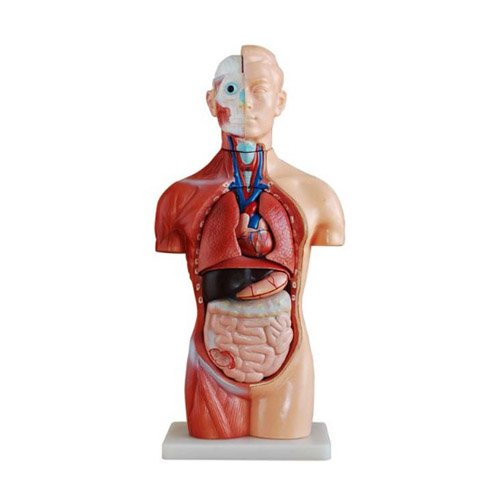 XC-207, Sexless Torso, 42CM Sexless Torso, 42CM Sexless Torso 18 Parts, XC-207 42CM Sexless Torso 18 Parts, PVC XC-207 42CM Sexless Torso 18 Parts elitetradebd, XC-BLS, XC-BLS Basic life support, BLS manikin (CPR & AED simulator) AED monitor, XC-101, XC-101 Life size skeleton (180 cm) with stand, XC-101 A, XC-101 A Skeleton (180 cm) Muscles & Ligaments, XC-101 E, XC-101 E Skeleton (180 cm) Flexible, XC-101 F, XC-101 F Flexible Skeleton with Ligaments, XC-102, XC-102 Skeleton (85 cm), XC-102 A, XC-102 A Skeleton (85 cm) with Spinal Nerves, XC-102 B, XC-102 B Skeleton (85 cm) with Spinal Nerves & Blood Vessel, XC-102 C, XC-102 C Skeleton (85 cm) with Painted Muscles, XC-102 CN, XC-102 CN Skeleton (85 cm) with Painted Muscles, XC-103, XC-103 Mini Skeleton, XC-104, XC-104 Life size Skull, XC-104 B, XC-104 B Life size Skull Painted, XC-104 C, XC-104 C Life size Skull colored bones, XC-104 D, XC-104 D Deluxe Life size Skull (Style D), XC-104 E, XC-104 E Skull with 8 parts Brain, XC-105, XC-105 Life size Vertebrae Column with Pelvis, XC-105 A, XC-105 A Vertebrae Column with Pelvis & Painted Muscles, XC-105 AN, XC-105 AN Vertebrae Column with Pelvis & Numbered Painted Muscles, XC-105 C, XC-105 C Didactic Flexible Vertebrae Column with Pelvis, XC-106, XC-106 Miniature Plastic Skull, XC-107, XC-107 Life size Vertebral column, XC-107 A, XC-107 A Vertebral column with painted muscles, XC-107 C, XC-107 C Didactic Vertebral column, XC-107 D, XC-107 D Vertebral column disarticulate model, XC-109, XC-109 Life size shoulder joint, XC-109 A, XC-109 A Life size muscled Shoulder joint, XC-110, XC-110 Life size Hip Joint, XC-111, XC-111 Life size Knee Joint, XC-112, XC-112 Life size Elbow Joint, XC-113, XC-113 Life size foot Joint, XC-113 A, XC-113 A Life size foot Joint with Ligaments, XC-114 Life size hand Joint, XC-114 A, XC-114 A Life size hand Joint with Ligaments, XC-115, XC-115 Life size pelvis with 5 pcs Lumber Vertebrae, XC-115 A, XC-115 A Half size pelvis with 5 pcs Lumber Vertebrae, XC-116, XC-116 Lumber set 2 Pcs, XC-117, XC-117 Lumber set 3 Pcs, XC-118, XC-118 Lumber set 4 Pcs, XC-119, XC-119 Life size lumber Vertebrae with sacrum & Coccyx & Herniated, XC-119 A, XC-119 A Mini Lumber Vertebrae with Sacrum & Coccyx & Herniated Disc, XC-120, XC-120 Thoracic Spinal Column, XC-121, XC-121 Life size Upper Extremity, XC-122, XC-122 Life size lower Extremity, XC-123, XC-123 Adult male Pelvis, XC-124, XC-124 Adult Female Pelvis, XC-125, XC-125 Female Pelvic Muscles & Organs, XC-126, XC-126 Life size vertebral clumn with pelvis & Femur head, XC-126A, XC-126A vertebral clumn with pelvis & Femur heads & Painted Muscies, XC-126AN, XC-126AN vertebral clumn with pelvis & Femur heads and numbered Painted Muscies, XC-126 C, XC-126 C Didactic vertebral clumn with pelvis & Femur head, XC-126 D, XC-126 D Flexible vertebral with removable Pelvis & Femur, XC-127, XC-127 Birth Demonstration, XC-128, XC-128 Life size pelvis with 2 Pcs Lumber Vertebrae, XC-130, XC-130 Disarticulated Skeleton with Skull, XC-133, XC-133 Cervical Vertebral Clumn with Nack Artery, XC-134, XC-134 Cutaway Osteoporosis, XC-135, XC-135 Skull with CervicalmSpine, XC-135 E, XC-135 E Skull with Brain and Cervical Spain 8 Parts, XC-201, XC-201 Male Torso (85 cm) 19 Parts, XC-202 A, XC-202 A Male Torso (42 cm) 13 Parts, XC-203, XC-203 Torso (26 cm) 15 Parts, XC-204, XC-204 Unisex Torso (85 cm) 23 Parts, XC-205, XC-205 Unisex Torso (45 cm) 23 Parts, XC-206, XC-206 Sexless Torso (85 cm) 20 Parts, XC-207, XC-207 Sexless Torso (42 cm) 18 Parts, XC-208, XC-208 Unisex Torso (85 cm) 40 Parts, XC-209, XC-209 Unisex Torso (85 cm) 20 Parts, XC-210, XC-210 Unisex Torso (85 cm) 30 Parts, XC-301, XC-301 Magnified Human Lartnx, XC-302, XC-302 Magnified Pulmonary Alveoli, XC-303 A, XC-303 A Giant Ear, XC-303 B, XC-303 B Middle Ear, XC-303 C, XC-303 C New Style Giant Ear, XC-303 D, XC-303 D Desktop Ear, XC-304, XC-304 Brain, XC-304 A, XC-304 A New Style Brain, XC-304 B, XC-304 B Brain, XC-305, XC-305 Expansion of Human Teeth, XC-306, XC-306 Stomach, XC-307, XC-307 Jumbo Heart, XC-307 A, XC-307 A Life size Heart, XC-307 B, XC-307 B New style life size heart, XC-307C, XC-307C New style Jumbo Heart, XC-307 D, XC-307 D Middle Heart, XC-308, XC-308 Brain with Arteries, XC-308 A, XC-308 A Brain with Arterial, XC-308 D, XC-308 D Brain with Arterial 9 Parts, XC-309, XC-309 Anatomy Nasal Cavity, XC-310-1, XC-310-1 Kidney, XC-310-2, XC-310-2 Kidney 2 Parts, XC-310-3, XC-310-3 Kidney with Adrenal Gland, XC-310-4, XC-310-4 Enlarged Kidney, XC-311, XC-311 Liver, Pancreas & Duodenum, XC-312, XC-312 Liver, XC-313, XC-313 Enlarge Skin, XC-313-2, XC-313-2 Skin Block, XC-313-3, XC-313-3 Skin Section, XC-315, XC-315 Digestive System, XC-316, XC-316 Giant Eye, XC-316 A, XC-316 A Giant Eye A, XC-316 B, XC-316 B Eye with Orbit, XC-317, XC-317 Expansion of Urinary Bladder, XC-318, XC-318 Brain with Arteries on Head, XC-318 B, XC-318 B Head with Brain, XC-319, XC-319 Median section of the Head, XC-319 A, XC-319 A Frontal Section & Median Section of the Head, XC-319 B, XC-319 B Frontal section of Head, XC-320, XC-320 Larynx, Heart & Lung, XC-321, XC-321 Lung, XC-321 B, XC-321 B Lung, XC-322, XC-322 Circulatory system, XC-324, XC-324 The Head, XC-325, XC-325 Plam Anatomy, XC-326, XC-326 Normal Flat & Arched Foot, XC-330, XC-330 Transparent Lung Segment, XC-331, XC-331 Male Urogenital system, XC-331 A, XC-331 A Human male Pelvis section Part 1, XC-331 B, XC-331 B Human male Pelvis section Part 2, XC-331 C, XC-331 C Advanced Male internal & external Gental Organs, XC-331 D, XC-331 D Male Gental Organ, XC-332, XC-332 Female Urogenital System, XC-332 A, XC-332 A Female Pelvis section 1 Part, XC-332 B, XC-332 B Female Pelvis section 4 Parts, XC-332 B-1, XC-332 B-1Female Pelvis section 2 Part2, XC-332 C, XC-332 C Advanced Female internal & external Gental Organ, XC-332 D, XC-332 D Female Pelvis, XC-333, XC-333 Urinary system, XC-334, XC-334 Human (80 cm) Muscles Male (27 Parts), XC-335, XC-335 Human Muscles 50 cm 1 Part, XC-336, XC-336 Muscles of human Arm 7 parts, XC-337, XC-337 Muscles of Lower Limb 13 Parts, XC-338, XC-338 Life size human Muscle foot (7 parts), XC-401, XC 401Multifunctional patient care Manikin, XC-401 A, XC-401 A High quality Nurse Trainning Doll (Male), XC-401 A-1, XC-401 A-1 New style High quality Nurse Trainning Doll (Male), XC-401 A-2, XC-401 A-2 Advanced Nurse Trainning Doll (with BP Trainning Arm Male), XC-401 B, XC-401 B High quality Nurse Trainning Doll (Female), XC-401 B-1, XC-401 B-1 New style High quality Nurse Trainning Doll (Female), XC-401 B-2, XC-401 B-2 Advanced Nurse trainning doll (with BP Trainning Arm Female), XC-401 C, XC-401 C Advanced Multifunctional Nursing Trainning Doll, XC-401 D, XC-401 D Advanced Trauma Simulator, XC-401 D-1, XC-401 D-1 Advance Trauma Accessories, XC-401 M, XC-401 M Multifunctional patient care Manikin (Male), XC-402, XC-402 Course of delivery, XC-402 A, XC-402 A Advanced Course of delivery, XC-402 A-1, XC-402 A-1 Delivery Machine, XC-403, XC-403 Dental Care (28 teeth), XC-403 A, XC-403 A Dental Care (32 teeth), XC-403 B, XC-403 B Small Dental Care (28 teeth), XC-403 C, XC-403 C Small Dental Care (32 teeth), XC-403 D, XC-403 D Dental Care with Cheek, XC-404, XC-404 Basic CPR Trainning (half Body), XC-404 A, XC-404 A Half body CPR Trainninf (male), XC-404 B, XC-404 B Half body CPR Trainninf (Female), XC-405, XC-405 Nurse Basic Practice Teaching 5 parts, XC-405 A, XC-405 A Simple male Urethral catheterization simulator, XC-405 B, XC-405 B Simple Female Urethral catheterization simulator, XC-405-2, XC-405-2 Transparent gastric lavage model, XC-406-1, XC-406-1 Whole body basic CPR Manikin style 100 (Male/Female), XC-406-2, XC-406-2 Whole body basic CPR Manikin style 200 (Male/Female), XC-406-5, XC-406-5 Whole body basic CPR Manikin style 500 (Male/Female), XC-406-5 Plus, XC-406-5 Plus New style CPR Trainning Manikin, XC-406A 5 Plus, XC-406A 5 Plus Whole advanced CPR Manikin style 500 (Female), XC-407, XC-407 Human Trachea Intubation, XC-407 A, XC-407 A Advanced Human Trachea Intubation, XC-408, XC-408 Electronic Urinary, XC-408 C, XC-408 C Advanced male Urethral Catheterization simulator, XC-408 D, XC-408 D Advanced female Urethral Catheterization simulator, XC-408 E, XC-408 E Transparant male Urethral Catheterization simulator, XC-408 F, XC-408 F Transparent female Urethral Catheterization simulator, XC-409, XC-409 New Born baby, XC-409 A, XC-409 A New style New Born baby, XC-409A-1, XC-409A-1 New style New Born baby model (Girl), XC-409 B, XC-409 B Advanced New Born care, XC-409 C, XC-409 C Advanced neonate Umbilical cord, XC-409 C-1, XC-409 C-1 Umbilical Cord, XC-409 D, XC-409 D Tracheostomy care infant, XC-409 E, XC-409 E Neonate scalp venipuncture, XC-410, XC-410 New born Intubation, XC-410 A, XC-410 A Infant Intubation trainning, XC-411, XC-411 Gynecological Trainning simulator, XC-412, XC-412 Advanced maternity, XC-414, XC-414 Development process for ferus, XC-414 A, XC-414 A The development process for ferus (half size), XC-416, XC-416 New born CPR Trainning manikin, XC-417, XC-417 Conception Guidance, XC-417 A, XC-417 A Female Contraception Guidance, XC-417 B, XC-417 B Male Condom Simulator (Transparent Base), XC-418, XC-418 Breast Examination, XC-418 B, XC-418 B Lactation Trainning model, Xincheng Scientific Industries Co., Ltd, Xincheng Scientific Model, Xincheng Scientific Human model, Xincheng Scientific Human body models, Models, Charts, Human body charts, China Models, China Chart, XC-BLS price in bd, XC-BLS Basic life support price in bd, BLS manikin (CPR & AED simulator) AED monitor price in bd, XC-101 price in bd, XC-101 Life size skeleton (180 cm) with stand price in bd, XC-101 A price in bd, XC-101 A Skeleton (180 cm) Muscles & Ligaments price in bd, XC-101 E price in bd, XC-101 E Skeleton (180 cm) Flexible price in bd, XC-101 F price in bd, XC-101 F Flexible Skeleton with Ligaments price in bd, XC-102 price in bd, XC-102 Skeleton (85 cm) price in bd, XC-102 A price in bd, XC-102 A Skeleton (85 cm) with Spinal Nerves price in bd, XC-102 B price in bd, XC-102 B Skeleton (85 cm) with Spinal Nerves & Blood Vessel price in bd, XC-102 C price in bd, XC-102 C Skeleton (85 cm) with Painted Muscles price in bd, XC-102 CN price in bd, XC-102 CN Skeleton (85 cm) with Painted Muscles price in bd, XC-103 price in bd, XC-103 Mini Skeleton price in bd, XC-104 price in bd, XC-104 Life size Skull price in bd, XC-104 B price in bd, XC-104 B Life size Skull Painted price in bd, XC-104 C price in bd, XC-104 C Life size Skull colored bones price in bd, XC-104 D price in bd, XC-104 D Deluxe Life size Skull (Style D) price in bd, XC-104 E price in bd, XC-104 E Skull with 8 parts Brain price in bd, XC-105 price in bd, XC-105 Life size Vertebrae Column with Pelvis price in bd, XC-105 A price in bd, XC-105 A Vertebrae Column with Pelvis & Painted Muscles price in bd, XC-105 AN price in bd, XC-105 AN Vertebrae Column with Pelvis & Numbered Painted Muscles price in bd, XC-105 C price in bd, XC-105 C Didactic Flexible Vertebrae Column with Pelvis price in bd, XC-106 price in bd, XC-106 Miniature Plastic Skull price in bd, XC-107 price in bd, XC-107 Life size Vertebral column price in bd, XC-107 A price in bd, XC-107 A Vertebral column with painted muscles price in bd, XC-107 C price in bd, XC-107 C Didactic Vertebral column price in bd, XC-107 D price in bd, XC-107 D Vertebral column disarticulate model price in bd, XC-109 price in bd, XC-109 Life size shoulder joint price in bd, XC-109 A price in bd, XC-109 A Life size muscled Shoulder joint price in bd, XC-110 price in bd, XC-110 Life size Hip Joint price in bd, XC-111 price in bd, XC-111 Life size Knee Joint price in bd, XC-112 price in bd, XC-112 Life size Elbow Joint price in bd, XC-113 price in bd, XC-113 Life size foot Joint price in bd, XC-113 A price in bd, XC-113 A Life size foot Joint with Ligaments price in bd, XC-114 Life size hand Joint price in bd, XC-114 A price in bd, XC-114 A Life size hand Joint with Ligaments price in bd, XC-115 price in bd, XC-115 Life size pelvis with 5 pcs Lumber Vertebrae price in bd, XC-115 A price in bd, XC-115 A Half size pelvis with 5 pcs Lumber Vertebrae price in bd, XC-116 price in bd, XC-116 Lumber set 2 Pcs price in bd, XC-117 price in bd, XC-117 Lumber set 3 Pcs price in bd, XC-118 price in bd, XC-118 Lumber set 4 Pcs price in bd, XC-119 price in bd, XC-119 Life size lumber Vertebrae with sacrum & Coccyx & Herniated price in bd, XC-119 A price in bd, XC-119 A Mini Lumber Vertebrae with Sacrum & Coccyx & Herniated Disc price in bd, XC-120 price in bd, XC-120 Thoracic Spinal Column price in bd, XC-121 price in bd, XC-121 Life size Upper Extremity price in bd, XC-122 price in bd, XC-122 Life size lower Extremity price in bd, XC-123 price in bd, XC-123 Adult male Pelvis price in bd, XC-124 price in bd, XC-124 Adult Female Pelvis price in bd, XC-125 price in bd, XC-125 Female Pelvic Muscles & Organs price in bd, XC-126 price in bd, XC-126 Life size vertebral clumn with pelvis & Femur head price in bd, XC-126A price in bd, XC-126A vertebral clumn with pelvis & Femur heads & Painted Muscies price in bd, XC-126AN price in bd, XC-126AN vertebral clumn with pelvis & Femur heads and numbered Painted Muscies price in bd, XC-126 C price in bd, XC-126 C Didactic vertebral clumn with pelvis & Femur head price in bd, XC-126 D price in bd, XC-126 D Flexible vertebral with removable Pelvis & Femur price in bd, XC-127 price in bd, XC-127 Birth Demonstration price in bd, XC-128 price in bd, XC-128 Life size pelvis with 2 Pcs Lumber Vertebrae price in bd, XC-130 price in bd, XC-130 Disarticulated Skeleton with Skull price in bd, XC-133 price in bd, XC-133 Cervical Vertebral Clumn with Nack Artery price in bd, XC-134 price in bd, XC-134 Cutaway Osteoporosis price in bd, XC-135 price in bd, XC-135 Skull with CervicalmSpine price in bd, XC-135 E price in bd, XC-135 E Skull with Brain and Cervical Spain 8 Parts price in bd, XC-201 price in bd, XC-201 Male Torso (85 cm) 19 Parts price in bd, XC-202 A price in bd, XC-202 A Male Torso (42 cm) 13 Parts price in bd, XC-203 price in bd, XC-203 Torso (26 cm) 15 Parts price in bd, XC-204 price in bd, XC-204 Unisex Torso (85 cm) 23 Parts price in bd, XC-205 price in bd, XC-205 Unisex Torso (45 cm) 23 Parts price in bd, XC-206 price in bd, XC-206 Sexless Torso (85 cm) 20 Parts price in bd, XC-207 price in bd, XC-207 Sexless Torso (42 cm) 18 Parts price in bd, XC-208 price in bd, XC-208 Unisex Torso (85 cm) 40 Parts price in bd, XC-209 price in bd, XC-209 Unisex Torso (85 cm) 20 Parts price in bd, XC-210 price in bd, XC-210 Unisex Torso (85 cm) 30 Parts price in bd, XC-301 price in bd, XC-301 Magnified Human Lartnx price in bd, XC-302 price in bd, XC-302 Magnified Pulmonary Alveoli price in bd, XC-303 A price in bd, XC-303 A Giant Ear price in bd, XC-303 B price in bd, XC-303 B Middle Ear price in bd, XC-303 C price in bd, XC-303 C New Style Giant Ear price in bd, XC-303 D price in bd, XC-303 D Desktop Ear price in bd, XC-304 price in bd, XC-304 Brain price in bd, XC-304 A price in bd, XC-304 A New Style Brain price in bd, XC-304 B price in bd, XC-304 B Brain price in bd, XC-305 price in bd, XC-305 Expansion of Human Teeth price in bd, XC-306 price in bd, XC-306 Stomach price in bd, XC-307 price in bd, XC-307 Jumbo Heart price in bd, XC-307 A price in bd, XC-307 A Life size Heart price in bd, XC-307 B price in bd, XC-307 B New style life size heart price in bd, XC-307C price in bd, XC-307C New style Jumbo Heart price in bd, XC-307 D price in bd, XC-307 D Middle Heart price in bd, XC-308 price in bd, XC-308 Brain with Arteries price in bd, XC-308 A price in bd, XC-308 A Brain with Arterial price in bd, XC-308 D price in bd, XC-308 D Brain with Arterial 9 Parts price in bd, XC-309 price in bd, XC-309 Anatomy Nasal Cavity price in bd, XC-310-1 price in bd, XC-310-1 Kidney price in bd, XC-310-2 price in bd, XC-310-2 Kidney 2 Parts price in bd, XC-310-3 price in bd, XC-310-3 Kidney with Adrenal Gland price in bd, XC-310-4 price in bd, XC-310-4 Enlarged Kidney price in bd, XC-311 price in bd, XC-311 Liver price in bd, Pancreas & Duodenum price in bd, XC-312 price in bd, XC-312 Liver price in bd, XC-313 price in bd, XC-313 Enlarge Skin price in bd, XC-313-2 price in bd, XC-313-2 Skin Block price in bd, XC-313-3 price in bd, XC-313-3 Skin Section price in bd, XC-315 price in bd, XC-315 Digestive System price in bd, XC-316 price in bd, XC-316 Giant Eye price in bd, XC-316 A price in bd, XC-316 A Giant Eye A price in bd, XC-316 B price in bd, XC-316 B Eye with Orbit price in bd, XC-317 price in bd, XC-317 Expansion of Urinary Bladder price in bd, XC-318 price in bd, XC-318 Brain with Arteries on Head price in bd, XC-318 B price in bd, XC-318 B Head with Brain price in bd, XC-319 price in bd, XC-319 Median section of the Head price in bd, XC-319 A price in bd, XC-319 A Frontal Section & Median Section of the Head price in bd, XC-319 B price in bd, XC-319 B Frontal section of Head price in bd, XC-320 price in bd, XC-320 Larynx price in bd, Heart & Lung price in bd, XC-321 price in bd, XC-321 Lung price in bd, XC-321 B price in bd, XC-321 B Lung price in bd, XC-322 price in bd, XC-322 Circulatory system price in bd, XC-324 price in bd, XC-324 The Head price in bd, XC-325 price in bd, XC-325 Plam Anatomy price in bd, XC-326 price in bd, XC-326 Normal Flat & Arched Foot price in bd, XC-330 price in bd, XC-330 Transparent Lung Segment price in bd, XC-331 price in bd, XC-331 Male Urogenital system price in bd, XC-331 A price in bd, XC-331 A Human male Pelvis section Part 1 price in bd, XC-331 B price in bd, XC-331 B Human male Pelvis section Part 2 price in bd, XC-331 C price in bd, XC-331 C Advanced Male internal & external Gental Organs price in bd, XC-331 D price in bd, XC-331 D Male Gental Organ price in bd, XC-332 price in bd, XC-332 Female Urogenital System price in bd, XC-332 A price in bd, XC-332 A Female Pelvis section 1 Part price in bd, XC-332 B price in bd, XC-332 B Female Pelvis section 4 Parts price in bd, XC-332 B-1 price in bd, XC-332 B-1Female Pelvis section 2 Part2 price in bd, XC-332 C price in bd, XC-332 C Advanced Female internal & external Gental Organ price in bd, XC-332 D price in bd, XC-332 D Female Pelvis price in bd, XC-333 price in bd, XC-333 Urinary system price in bd, XC-334 price in bd, XC-334 Human (80 cm) Muscles Male (27 Parts) price in bd, XC-335 price in bd, XC-335 Human Muscles 50 cm 1 Part price in bd, XC-336 price in bd, XC-336 Muscles of human Arm 7 parts price in bd, XC-337 price in bd, XC-337 Muscles of Lower Limb 13 Parts price in bd, XC-338 price in bd, XC-338 Life size human Muscle foot (7 parts) price in bd, XC-401 price in bd, XC 401Multifunctional patient care Manikin price in bd, XC-401 A price in bd, XC-401 A High quality Nurse Trainning Doll (Male) price in bd, XC-401 A-1 price in bd, XC-401 A-1 New style High quality Nurse Trainning Doll (Male) price in bd, XC-401 A-2 price in bd, XC-401 A-2 Advanced Nurse Trainning Doll (with BP Trainning Arm Male) price in bd, XC-401 B price in bd, XC-401 B High quality Nurse Trainning Doll (Female) price in bd, XC-401 B-1 price in bd, XC-401 B-1 New style High quality Nurse Trainning Doll (Female) price in bd, XC-401 B-2 price in bd, XC-401 B-2 Advanced Nurse trainning doll (with BP Trainning Arm Female) price in bd, XC-401 C price in bd, XC-401 C Advanced Multifunctional Nursing Trainning Doll price in bd, XC-401 D price in bd, XC-401 D Advanced Trauma Simulator price in bd, XC-401 D-1 price in bd, XC-401 D-1 Advance Trauma Accessories price in bd, XC-401 M price in bd, XC-401 M Multifunctional patient care Manikin (Male) price in bd, XC-402 price in bd, XC-402 Course of delivery price in bd, XC-402 A price in bd, XC-402 A Advanced Course of delivery price in bd, XC-402 A-1 price in bd, XC-402 A-1 Delivery Machine price in bd, XC-403 price in bd, XC-403 Dental Care (28 teeth) price in bd, XC-403 A price in bd, XC-403 A Dental Care (32 teeth) price in bd, XC-403 B price in bd, XC-403 B Small Dental Care (28 teeth) price in bd, XC-403 C price in bd, XC-403 C Small Dental Care (32 teeth) price in bd, XC-403 D price in bd, XC-403 D Dental Care with Cheek price in bd, XC-404 price in bd, XC-404 Basic CPR Trainning (half Body) price in bd, XC-404 A price in bd, XC-404 A Half body CPR Trainninf (male) price in bd, XC-404 B price in bd, XC-404 B Half body CPR Trainninf (Female) price in bd, XC-405 price in bd, XC-405 Nurse Basic Practice Teaching 5 parts price in bd, XC-405 A price in bd, XC-405 A Simple male Urethral catheterization simulator price in bd, XC-405 B price in bd, XC-405 B Simple Female Urethral catheterization simulator price in bd, XC-405-2 price in bd, XC-405-2 Transparent gastric lavage model price in bd, XC-406-1 price in bd, XC-406-1 Whole body basic CPR Manikin style 100 (Male/Female) price in bd, XC-406-2 price in bd, XC-406-2 Whole body basic CPR Manikin style 200 (Male/Female) price in bd, XC-406-5 price in bd, XC-406-5 Whole body basic CPR Manikin style 500 (Male/Female) price in bd, XC-406-5 Plus price in bd, XC-406-5 Plus New style CPR Trainning Manikin price in bd, XC-406A 5 Plus price in bd, XC-406A 5 Plus Whole advanced CPR Manikin style 500 (Female) price in bd, XC-407 price in bd, XC-407 Human Trachea Intubation price in bd, XC-407 A price in bd, XC-407 A Advanced Human Trachea Intubation price in bd, XC-408 price in bd, XC-408 Electronic Urinary price in bd, XC-408 C price in bd, XC-408 C Advanced male Urethral Catheterization simulator price in bd, XC-408 D price in bd, XC-408 D Advanced female Urethral Catheterization simulator price in bd, XC-408 E price in bd, XC-408 E Transparant male Urethral Catheterization simulator price in bd, XC-408 F price in bd, XC-408 F Transparent female Urethral Catheterization simulator price in bd, XC-409 price in bd, XC-409 New Born baby price in bd, XC-409 A price in bd, XC-409 A New style New Born baby price in bd, XC-409A-1 price in bd, XC-409A-1 New style New Born baby model (Girl) price in bd, XC-409 B price in bd, XC-409 B Advanced New Born care price in bd, XC-409 C price in bd, XC-409 C Advanced neonate Umbilical cord price in bd, XC-409 C-1 price in bd, XC-409 C-1 Umbilical Cord price in bd, XC-409 D price in bd, XC-409 D Tracheostomy care infant price in bd, XC-409 E price in bd, XC-409 E Neonate scalp venipuncture price in bd, XC-410 price in bd, XC-410 New born Intubation price in bd, XC-410 A price in bd, XC-410 A Infant Intubation trainning price in bd, XC-411 price in bd, XC-411 Gynecological Trainning simulator price in bd, XC-412 price in bd, XC-412 Advanced maternity price in bd, XC-414 price in bd, XC-414 Development process for ferus price in bd, XC-414 A price in bd, XC-414 A The development process for ferus (half size) price in bd, XC-416 price in bd, XC-416 New born CPR Trainning manikin price in bd, XC-417 price in bd, XC-417 Conception Guidance price in bd, XC-417 A price in bd, XC-417 A Female Contraception Guidance price in bd, XC-417 B price in bd, XC-417 B Male Condom Simulator (Transparent Base) price in bd, XC-418 price in bd, XC-418 Breast Examination price in bd, XC-418 B price in bd, XC-418 B Lactation Trainning model price in bd, XC-BLS saler in bd, XC-BLS Basic life support saler in bd, BLS manikin (CPR & AED simulator) AED monitor saler in bd, XC-101 saler in bd, XC-101 Life size skeleton (180 cm) with stand saler in bd, XC-101 A saler in bd, XC-101 A Skeleton (180 cm) Muscles & Ligaments saler in bd, XC-101 E saler in bd, XC-101 E Skeleton (180 cm) Flexible saler in bd, XC-101 F saler in bd, XC-101 F Flexible Skeleton with Ligaments saler in bd, XC-102 saler in bd, XC-102 Skeleton (85 cm) saler in bd, XC-102 A saler in bd, XC-102 A Skeleton (85 cm) with Spinal Nerves saler in bd, XC-102 B saler in bd, XC-102 B Skeleton (85 cm) with Spinal Nerves & Blood Vessel saler in bd, XC-102 C saler in bd, XC-102 C Skeleton (85 cm) with Painted Muscles saler in bd, XC-102 CN saler in bd, XC-102 CN Skeleton (85 cm) with Painted Muscles saler in bd, XC-103 saler in bd, XC-103 Mini Skeleton saler in bd, XC-104 saler in bd, XC-104 Life size Skull saler in bd, XC-104 B saler in bd, XC-104 B Life size Skull Painted saler in bd, XC-104 C saler in bd, XC-104 C Life size Skull colored bones saler in bd, XC-104 D saler in bd, XC-104 D Deluxe Life size Skull (Style D) saler in bd, XC-104 E saler in bd, XC-104 E Skull with 8 parts Brain saler in bd, XC-105 saler in bd, XC-105 Life size Vertebrae Column with Pelvis saler in bd, XC-105 A saler in bd, XC-105 A Vertebrae Column with Pelvis & Painted Muscles saler in bd, XC-105 AN saler in bd, XC-105 AN Vertebrae Column with Pelvis & Numbered Painted Muscles saler in bd, XC-105 C saler in bd, XC-105 C Didactic Flexible Vertebrae Column with Pelvis saler in bd, XC-106 saler in bd, XC-106 Miniature Plastic Skull saler in bd, XC-107 saler in bd, XC-107 Life size Vertebral column saler in bd, XC-107 A saler in bd, XC-107 A Vertebral column with painted muscles saler in bd, XC-107 C saler in bd, XC-107 C Didactic Vertebral column saler in bd, XC-107 D saler in bd, XC-107 D Vertebral column disarticulate model saler in bd, XC-109 saler in bd, XC-109 Life size shoulder joint saler in bd, XC-109 A saler in bd, XC-109 A Life size muscled Shoulder joint saler in bd, XC-110 saler in bd, XC-110 Life size Hip Joint saler in bd, XC-111 saler in bd, XC-111 Life size Knee Joint saler in bd, XC-112 saler in bd, XC-112 Life size Elbow Joint saler in bd, XC-113 saler in bd, XC-113 Life size foot Joint saler in bd, XC-113 A saler in bd, XC-113 A Life size foot Joint with Ligaments saler in bd, XC-114 Life size hand Joint saler in bd, XC-114 A saler in bd, XC-114 A Life size hand Joint with Ligaments saler in bd, XC-115 saler in bd, XC-115 Life size pelvis with 5 pcs Lumber Vertebrae saler in bd, XC-115 A saler in bd, XC-115 A Half size pelvis with 5 pcs Lumber Vertebrae saler in bd, XC-116 saler in bd, XC-116 Lumber set 2 Pcs saler in bd, XC-117 saler in bd, XC-117 Lumber set 3 Pcs saler in bd, XC-118 saler in bd, XC-118 Lumber set 4 Pcs saler in bd, XC-119 saler in bd, XC-119 Life size lumber Vertebrae with sacrum & Coccyx & Herniated saler in bd, XC-119 A saler in bd, XC-119 A Mini Lumber Vertebrae with Sacrum & Coccyx & Herniated Disc saler in bd, XC-120 saler in bd, XC-120 Thoracic Spinal Column saler in bd, XC-121 saler in bd, XC-121 Life size Upper Extremity saler in bd, XC-122 saler in bd, XC-122 Life size lower Extremity saler in bd, XC-123 saler in bd, XC-123 Adult male Pelvis saler in bd, XC-124 saler in bd, XC-124 Adult Female Pelvis saler in bd, XC-125 saler in bd, XC-125 Female Pelvic Muscles & Organs saler in bd, XC-126 saler in bd, XC-126 Life size vertebral clumn with pelvis & Femur head saler in bd, XC-126A saler in bd, XC-126A vertebral clumn with pelvis & Femur heads & Painted Muscies saler in bd, XC-126AN saler in bd, XC-126AN vertebral clumn with pelvis & Femur heads and numbered Painted Muscies saler in bd, XC-126 C saler in bd, XC-126 C Didactic vertebral clumn with pelvis & Femur head saler in bd, XC-126 D saler in bd, XC-126 D Flexible vertebral with removable Pelvis & Femur saler in bd, XC-127 saler in bd, XC-127 Birth Demonstration saler in bd, XC-128 saler in bd, XC-128 Life size pelvis with 2 Pcs Lumber Vertebrae saler in bd, XC-130 saler in bd, XC-130 Disarticulated Skeleton with Skull saler in bd, XC-133 saler in bd, XC-133 Cervical Vertebral Clumn with Nack Artery saler in bd, XC-134 saler in bd, XC-134 Cutaway Osteoporosis saler in bd, XC-135 saler in bd, XC-135 Skull with CervicalmSpine saler in bd, XC-135 E saler in bd, XC-135 E Skull with Brain and Cervical Spain 8 Parts saler in bd, XC-201 saler in bd, XC-201 Male Torso (85 cm) 19 Parts saler in bd, XC-202 A saler in bd, XC-202 A Male Torso (42 cm) 13 Parts saler in bd, XC-203 saler in bd, XC-203 Torso (26 cm) 15 Parts saler in bd, XC-204 saler in bd, XC-204 Unisex Torso (85 cm) 23 Parts saler in bd, XC-205 saler in bd, XC-205 Unisex Torso (45 cm) 23 Parts saler in bd, XC-206 saler in bd, XC-206 Sexless Torso (85 cm) 20 Parts saler in bd, XC-207 saler in bd, XC-207 Sexless Torso (42 cm) 18 Parts saler in bd, XC-208 saler in bd, XC-208 Unisex Torso (85 cm) 40 Parts saler in bd, XC-209 saler in bd, XC-209 Unisex Torso (85 cm) 20 Parts saler in bd, XC-210 saler in bd, XC-210 Unisex Torso (85 cm) 30 Parts saler in bd, XC-301 saler in bd, XC-301 Magnified Human Lartnx saler in bd, XC-302 saler in bd, XC-302 Magnified Pulmonary Alveoli saler in bd, XC-303 A saler in bd, XC-303 A Giant Ear saler in bd, XC-303 B saler in bd, XC-303 B Middle Ear saler in bd, XC-303 C saler in bd, XC-303 C New Style Giant Ear saler in bd, XC-303 D saler in bd, XC-303 D Desktop Ear saler in bd, XC-304 saler in bd, XC-304 Brain saler in bd, XC-304 A saler in bd, XC-304 A New Style Brain saler in bd, XC-304 B saler in bd, XC-304 B Brain saler in bd, XC-305 saler in bd, XC-305 Expansion of Human Teeth saler in bd, XC-306 saler in bd, XC-306 Stomach saler in bd, XC-307 saler in bd, XC-307 Jumbo Heart saler in bd, XC-307 A saler in bd, XC-307 A Life size Heart saler in bd, XC-307 B saler in bd, XC-307 B New style life size heart saler in bd, XC-307C saler in bd, XC-307C New style Jumbo Heart saler in bd, XC-307 D saler in bd, XC-307 D Middle Heart saler in bd, XC-308 saler in bd, XC-308 Brain with Arteries saler in bd, XC-308 A saler in bd, XC-308 A Brain with Arterial saler in bd, XC-308 D saler in bd, XC-308 D Brain with Arterial 9 Parts saler in bd, XC-309 saler in bd, XC-309 Anatomy Nasal Cavity saler in bd, XC-310-1 saler in bd, XC-310-1 Kidney saler in bd, XC-310-2 saler in bd, XC-310-2 Kidney 2 Parts saler in bd, XC-310-3 saler in bd, XC-310-3 Kidney with Adrenal Gland saler in bd, XC-310-4 saler in bd, XC-310-4 Enlarged Kidney saler in bd, XC-311 saler in bd, XC-311 Liver saler in bd, Pancreas & Duodenum saler in bd, XC-312 saler in bd, XC-312 Liver saler in bd, XC-313 saler in bd, XC-313 Enlarge Skin saler in bd, XC-313-2 saler in bd, XC-313-2 Skin Block saler in bd, XC-313-3 saler in bd, XC-313-3 Skin Section saler in bd, XC-315 saler in bd, XC-315 Digestive System saler in bd, XC-316 saler in bd, XC-316 Giant Eye saler in bd, XC-316 A saler in bd, XC-316 A Giant Eye A saler in bd, XC-316 B saler in bd, XC-316 B Eye with Orbit saler in bd, XC-317 saler in bd, XC-317 Expansion of Urinary Bladder saler in bd, XC-318 saler in bd, XC-318 Brain with Arteries on Head saler in bd, XC-318 B saler in bd, XC-318 B Head with Brain saler in bd, XC-319 saler in bd, XC-319 Median section of the Head saler in bd, XC-319 A saler in bd, XC-319 A Frontal Section & Median Section of the Head saler in bd, XC-319 B saler in bd, XC-319 B Frontal section of Head saler in bd, XC-320 saler in bd, XC-320 Larynx saler in bd, Heart & Lung saler in bd, XC-321 saler in bd, XC-321 Lung saler in bd, XC-321 B saler in bd, XC-321 B Lung saler in bd, XC-322 saler in bd, XC-322 Circulatory system saler in bd, XC-324 saler in bd, XC-324 The Head saler in bd, XC-325 saler in bd, XC-325 Plam Anatomy saler in bd, XC-326 saler in bd, XC-326 Normal Flat & Arched Foot saler in bd, XC-330 saler in bd, XC-330 Transparent Lung Segment saler in bd, XC-331 saler in bd, XC-331 Male Urogenital system saler in bd, XC-331 A saler in bd, XC-331 A Human male Pelvis section Part 1 saler in bd, XC-331 B saler in bd, XC-331 B Human male Pelvis section Part 2 saler in bd, XC-331 C saler in bd, XC-331 C Advanced Male internal & external Gental Organs saler in bd, XC-331 D saler in bd, XC-331 D Male Gental Organ saler in bd, XC-332 saler in bd, XC-332 Female Urogenital System saler in bd, XC-332 A saler in bd, XC-332 A Female Pelvis section 1 Part saler in bd, XC-332 B saler in bd, XC-332 B Female Pelvis section 4 Parts saler in bd, XC-332 B-1 saler in bd, XC-332 B-1Female Pelvis section 2 Part2 saler in bd, XC-332 C saler in bd, XC-332 C Advanced Female internal & external Gental Organ saler in bd, XC-332 D saler in bd, XC-332 D Female Pelvis saler in bd, XC-333 saler in bd, XC-333 Urinary system saler in bd, XC-334 saler in bd, XC-334 Human (80 cm) Muscles Male (27 Parts) saler in bd, XC-335 saler in bd, XC-335 Human Muscles 50 cm 1 Part saler in bd, XC-336 saler in bd, XC-336 Muscles of human Arm 7 parts saler in bd, XC-337 saler in bd, XC-337 Muscles of Lower Limb 13 Parts saler in bd, XC-338 saler in bd, XC-338 Life size human Muscle foot (7 parts) saler in bd, XC-401 saler in bd, XC 401Multifunctional patient care Manikin saler in bd, XC-401 A saler in bd, XC-401 A High quality Nurse Trainning Doll (Male) saler in bd, XC-401 A-1 saler in bd, XC-401 A-1 New style High quality Nurse Trainning Doll (Male) saler in bd, XC-401 A-2 saler in bd, XC-401 A-2 Advanced Nurse Trainning Doll (with BP Trainning Arm Male) saler in bd, XC-401 B saler in bd, XC-401 B High quality Nurse Trainning Doll (Female) saler in bd, XC-401 B-1 saler in bd, XC-401 B-1 New style High quality Nurse Trainning Doll (Female) saler in bd, XC-401 B-2 saler in bd, XC-401 B-2 Advanced Nurse trainning doll (with BP Trainning Arm Female) saler in bd, XC-401 C saler in bd, XC-401 C Advanced Multifunctional Nursing Trainning Doll saler in bd, XC-401 D saler in bd, XC-401 D Advanced Trauma Simulator saler in bd, XC-401 D-1 saler in bd, XC-401 D-1 Advance Trauma Accessories saler in bd, XC-401 M saler in bd, XC-401 M Multifunctional patient care Manikin (Male) saler in bd, XC-402 saler in bd, XC-402 Course of delivery saler in bd, XC-402 A saler in bd, XC-402 A Advanced Course of delivery saler in bd, XC-402 A-1 saler in bd, XC-402 A-1 Delivery Machine saler in bd, XC-403 saler in bd, XC-403 Dental Care (28 teeth) saler in bd, XC-403 A saler in bd, XC-403 A Dental Care (32 teeth) saler in bd, XC-403 B saler in bd, XC-403 B Small Dental Care (28 teeth) saler in bd, XC-403 C saler in bd, XC-403 C Small Dental Care (32 teeth) saler in bd, XC-403 D saler in bd, XC-403 D Dental Care with Cheek saler in bd, XC-404 saler in bd, XC-404 Basic CPR Trainning (half Body) saler in bd, XC-404 A saler in bd, XC-404 A Half body CPR Trainninf (male) saler in bd, XC-404 B saler in bd, XC-404 B Half body CPR Trainninf (Female) saler in bd, XC-405 saler in bd, XC-405 Nurse Basic Practice Teaching 5 parts saler in bd, XC-405 A saler in bd, XC-405 A Simple male Urethral catheterization simulator saler in bd, XC-405 B saler in bd, XC-405 B Simple Female Urethral catheterization simulator saler in bd, XC-405-2 saler in bd, XC-405-2 Transparent gastric lavage model saler in bd, XC-406-1 saler in bd, XC-406-1 Whole body basic CPR Manikin style 100 (Male/Female) saler in bd, XC-406-2 saler in bd, XC-406-2 Whole body basic CPR Manikin style 200 (Male/Female) saler in bd, XC-406-5 saler in bd, XC-406-5 Whole body basic CPR Manikin style 500 (Male/Female) saler in bd, XC-406-5 Plus saler in bd, XC-406-5 Plus New style CPR Trainning Manikin saler in bd, XC-406A 5 Plus saler in bd, XC-406A 5 Plus Whole advanced CPR Manikin style 500 (Female) saler in bd, XC-407 saler in bd, XC-407 Human Trachea Intubation saler in bd, XC-407 A saler in bd, XC-407 A Advanced Human Trachea Intubation saler in bd, XC-408 saler in bd, XC-408 Electronic Urinary saler in bd, XC-408 C saler in bd, XC-408 C Advanced male Urethral Catheterization simulator saler in bd, XC-408 D saler in bd, XC-408 D Advanced female Urethral Catheterization simulator saler in bd, XC-408 E saler in bd, XC-408 E Transparant male Urethral Catheterization simulator saler in bd, XC-408 F saler in bd, XC-408 F Transparent female Urethral Catheterization simulator saler in bd, XC-409 saler in bd, XC-409 New Born baby saler in bd, XC-409 A saler in bd, XC-409 A New style New Born baby saler in bd, XC-409A-1 saler in bd, XC-409A-1 New style New Born baby model (Girl) saler in bd, XC-409 B saler in bd, XC-409 B Advanced New Born care saler in bd, XC-409 C saler in bd, XC-409 C Advanced neonate Umbilical cord saler in bd, XC-409 C-1 saler in bd, XC-409 C-1 Umbilical Cord saler in bd, XC-409 D saler in bd, XC-409 D Tracheostomy care infant saler in bd, XC-409 E saler in bd, XC-409 E Neonate scalp venipuncture saler in bd, XC-410 saler in bd, XC-410 New born Intubation saler in bd, XC-410 A saler in bd, XC-410 A Infant Intubation trainning saler in bd, XC-411 saler in bd, XC-411 Gynecological Trainning simulator saler in bd, XC-412 saler in bd, XC-412 Advanced maternity saler in bd, XC-414 saler in bd, XC-414 Development process for ferus saler in bd, XC-414 A saler in bd, XC-414 A The development process for ferus (half size) saler in bd, XC-416 saler in bd, XC-416 New born CPR Trainning manikin saler in bd, XC-417 saler in bd, XC-417 Conception Guidance saler in bd, XC-417 A saler in bd, XC-417 A Female Contraception Guidance saler in bd, XC-417 B saler in bd, XC-417 B Male Condom Simulator (Transparent Base) saler in bd, XC-418 saler in bd, XC-418 Breast Examination saler in bd, XC-418 B saler in bd, XC-418 B Lactation Trainning model saler in bd, XC-BLS seller in bd, XC-BLS Basic life support seller in bd, BLS manikin (CPR & AED simulator) AED monitor seller in bd, XC-101 seller in bd, XC-101 Life size skeleton (180 cm) with stand seller in bd, XC-101 A seller in bd, XC-101 A Skeleton (180 cm) Muscles & Ligaments seller in bd, XC-101 E seller in bd, XC-101 E Skeleton (180 cm) Flexible seller in bd, XC-101 F seller in bd, XC-101 F Flexible Skeleton with Ligaments seller in bd, XC-102 seller in bd, XC-102 Skeleton (85 cm) seller in bd, XC-102 A seller in bd, XC-102 A Skeleton (85 cm) with Spinal Nerves seller in bd, XC-102 B seller in bd, XC-102 B Skeleton (85 cm) with Spinal Nerves & Blood Vessel seller in bd, XC-102 C seller in bd, XC-102 C Skeleton (85 cm) with Painted Muscles seller in bd, XC-102 CN seller in bd, XC-102 CN Skeleton (85 cm) with Painted Muscles seller in bd, XC-103 seller in bd, XC-103 Mini Skeleton seller in bd, XC-104 seller in bd, XC-104 Life size Skull seller in bd, XC-104 B seller in bd, XC-104 B Life size Skull Painted seller in bd, XC-104 C seller in bd, XC-104 C Life size Skull colored bones seller in bd, XC-104 D seller in bd, XC-104 D Deluxe Life size Skull (Style D) seller in bd, XC-104 E seller in bd, XC-104 E Skull with 8 parts Brain seller in bd, XC-105 seller in bd, XC-105 Life size Vertebrae Column with Pelvis seller in bd, XC-105 A seller in bd, XC-105 A Vertebrae Column with Pelvis & Painted Muscles seller in bd, XC-105 AN seller in bd, XC-105 AN Vertebrae Column with Pelvis & Numbered Painted Muscles seller in bd, XC-105 C seller in bd, XC-105 C Didactic Flexible Vertebrae Column with Pelvis seller in bd, XC-106 seller in bd, XC-106 Miniature Plastic Skull seller in bd, XC-107 seller in bd, XC-107 Life size Vertebral column seller in bd, XC-107 A seller in bd, XC-107 A Vertebral column with painted muscles seller in bd, XC-107 C seller in bd, XC-107 C Didactic Vertebral column seller in bd, XC-107 D seller in bd, XC-107 D Vertebral column disarticulate model seller in bd, XC-109 seller in bd, XC-109 Life size shoulder joint seller in bd, XC-109 A seller in bd, XC-109 A Life size muscled Shoulder joint seller in bd, XC-110 seller in bd, XC-110 Life size Hip Joint seller in bd, XC-111 seller in bd, XC-111 Life size Knee Joint seller in bd, XC-112 seller in bd, XC-112 Life size Elbow Joint seller in bd, XC-113 seller in bd, XC-113 Life size foot Joint seller in bd, XC-113 A seller in bd, XC-113 A Life size foot Joint with Ligaments seller in bd, XC-114 Life size hand Joint seller in bd, XC-114 A seller in bd, XC-114 A Life size hand Joint with Ligaments seller in bd, XC-115 seller in bd, XC-115 Life size pelvis with 5 pcs Lumber Vertebrae seller in bd, XC-115 A seller in bd, XC-115 A Half size pelvis with 5 pcs Lumber Vertebrae seller in bd, XC-116 seller in bd, XC-116 Lumber set 2 Pcs seller in bd, XC-117 seller in bd, XC-117 Lumber set 3 Pcs seller in bd, XC-118 seller in bd, XC-118 Lumber set 4 Pcs seller in bd, XC-119 seller in bd, XC-119 Life size lumber Vertebrae with sacrum & Coccyx & Herniated seller in bd, XC-119 A seller in bd, XC-119 A Mini Lumber Vertebrae with Sacrum & Coccyx & Herniated Disc seller in bd, XC-120 seller in bd, XC-120 Thoracic Spinal Column seller in bd, XC-121 seller in bd, XC-121 Life size Upper Extremity seller in bd, XC-122 seller in bd, XC-122 Life size lower Extremity seller in bd, XC-123 seller in bd, XC-123 Adult male Pelvis seller in bd, XC-124 seller in bd, XC-124 Adult Female Pelvis seller in bd, XC-125 seller in bd, XC-125 Female Pelvic Muscles & Organs seller in bd, XC-126 seller in bd, XC-126 Life size vertebral clumn with pelvis & Femur head seller in bd, XC-126A seller in bd, XC-126A vertebral clumn with pelvis & Femur heads & Painted Muscies seller in bd, XC-126AN seller in bd, XC-126AN vertebral clumn with pelvis & Femur heads and numbered Painted Muscies seller in bd, XC-126 C seller in bd, XC-126 C Didactic vertebral clumn with pelvis & Femur head seller in bd, XC-126 D seller in bd, XC-126 D Flexible vertebral with removable Pelvis & Femur seller in bd, XC-127 seller in bd, XC-127 Birth Demonstration seller in bd, XC-128 seller in bd, XC-128 Life size pelvis with 2 Pcs Lumber Vertebrae seller in bd, XC-130 seller in bd, XC-130 Disarticulated Skeleton with Skull seller in bd, XC-133 seller in bd, XC-133 Cervical Vertebral Clumn with Nack Artery seller in bd, XC-134 seller in bd, XC-134 Cutaway Osteoporosis seller in bd, XC-135 seller in bd, XC-135 Skull with CervicalmSpine seller in bd, XC-135 E seller in bd, XC-135 E Skull with Brain and Cervical Spain 8 Parts seller in bd, XC-201 seller in bd, XC-201 Male Torso (85 cm) 19 Parts seller in bd, XC-202 A seller in bd, XC-202 A Male Torso (42 cm) 13 Parts seller in bd, XC-203 seller in bd, XC-203 Torso (26 cm) 15 Parts seller in bd, XC-204 seller in bd, XC-204 Unisex Torso (85 cm) 23 Parts seller in bd, XC-205 seller in bd, XC-205 Unisex Torso (45 cm) 23 Parts seller in bd, XC-206 seller in bd, XC-206 Sexless Torso (85 cm) 20 Parts seller in bd, XC-207 seller in bd, XC-207 Sexless Torso (42 cm) 18 Parts seller in bd, XC-208 seller in bd, XC-208 Unisex Torso (85 cm) 40 Parts seller in bd, XC-209 seller in bd, XC-209 Unisex Torso (85 cm) 20 Parts seller in bd, XC-210 seller in bd, XC-210 Unisex Torso (85 cm) 30 Parts seller in bd, XC-301 seller in bd, XC-301 Magnified Human Lartnx seller in bd, XC-302 seller in bd, XC-302 Magnified Pulmonary Alveoli seller in bd, XC-303 A seller in bd, XC-303 A Giant Ear seller in bd, XC-303 B seller in bd, XC-303 B Middle Ear seller in bd, XC-303 C seller in bd, XC-303 C New Style Giant Ear seller in bd, XC-303 D seller in bd, XC-303 D Desktop Ear seller in bd, XC-304 seller in bd, XC-304 Brain seller in bd, XC-304 A seller in bd, XC-304 A New Style Brain seller in bd, XC-304 B seller in bd, XC-304 B Brain seller in bd, XC-305 seller in bd, XC-305 Expansion of Human Teeth seller in bd, XC-306 seller in bd, XC-306 Stomach seller in bd, XC-307 seller in bd, XC-307 Jumbo Heart seller in bd, XC-307 A seller in bd, XC-307 A Life size Heart seller in bd, XC-307 B seller in bd, XC-307 B New style life size heart seller in bd, XC-307C seller in bd, XC-307C New style Jumbo Heart seller in bd, XC-307 D seller in bd, XC-307 D Middle Heart seller in bd, XC-308 seller in bd, XC-308 Brain with Arteries seller in bd, XC-308 A seller in bd, XC-308 A Brain with Arterial seller in bd, XC-308 D seller in bd, XC-308 D Brain with Arterial 9 Parts seller in bd, XC-309 seller in bd, XC-309 Anatomy Nasal Cavity seller in bd, XC-310-1 seller in bd, XC-310-1 Kidney seller in bd, XC-310-2 seller in bd, XC-310-2 Kidney 2 Parts seller in bd, XC-310-3 seller in bd, XC-310-3 Kidney with Adrenal Gland seller in bd, XC-310-4 seller in bd, XC-310-4 Enlarged Kidney seller in bd, XC-311 seller in bd, XC-311 Liver seller in bd, Pancreas & Duodenum seller in bd, XC-312 seller in bd, XC-312 Liver seller in bd, XC-313 seller in bd, XC-313 Enlarge Skin seller in bd, XC-313-2 seller in bd, XC-313-2 Skin Block seller in bd, XC-313-3 seller in bd, XC-313-3 Skin Section seller in bd, XC-315 seller in bd, XC-315 Digestive System seller in bd, XC-316 seller in bd, XC-316 Giant Eye seller in bd, XC-316 A seller in bd, XC-316 A Giant Eye A seller in bd, XC-316 B seller in bd, XC-316 B Eye with Orbit seller in bd, XC-317 seller in bd, XC-317 Expansion of Urinary Bladder seller in bd, XC-318 seller in bd, XC-318 Brain with Arteries on Head seller in bd, XC-318 B seller in bd, XC-318 B Head with Brain seller in bd, XC-319 seller in bd, XC-319 Median section of the Head seller in bd, XC-319 A seller in bd, XC-319 A Frontal Section & Median Section of the Head seller in bd, XC-319 B seller in bd, XC-319 B Frontal section of Head seller in bd, XC-320 seller in bd, XC-320 Larynx seller in bd, Heart & Lung seller in bd, XC-321 seller in bd, XC-321 Lung seller in bd, XC-321 B seller in bd, XC-321 B Lung seller in bd, XC-322 seller in bd, XC-322 Circulatory system seller in bd, XC-324 seller in bd, XC-324 The Head seller in bd, XC-325 seller in bd, XC-325 Plam Anatomy seller in bd, XC-326 seller in bd, XC-326 Normal Flat & Arched Foot seller in bd, XC-330 seller in bd, XC-330 Transparent Lung Segment seller in bd, XC-331 seller in bd, XC-331 Male Urogenital system seller in bd, XC-331 A seller in bd, XC-331 A Human male Pelvis section Part 1 seller in bd, XC-331 B seller in bd, XC-331 B Human male Pelvis section Part 2 seller in bd, XC-331 C seller in bd, XC-331 C Advanced Male internal & external Gental Organs seller in bd, XC-331 D seller in bd, XC-331 D Male Gental Organ seller in bd, XC-332 seller in bd, XC-332 Female Urogenital System seller in bd, XC-332 A seller in bd, XC-332 A Female Pelvis section 1 Part seller in bd, XC-332 B seller in bd, XC-332 B Female Pelvis section 4 Parts seller in bd, XC-332 B-1 seller in bd, XC-332 B-1Female Pelvis section 2 Part2 seller in bd, XC-332 C seller in bd, XC-332 C Advanced Female internal & external Gental Organ seller in bd, XC-332 D seller in bd, XC-332 D Female Pelvis seller in bd, XC-333 seller in bd, XC-333 Urinary system seller in bd, XC-334 seller in bd, XC-334 Human (80 cm) Muscles Male (27 Parts) seller in bd, XC-335 seller in bd, XC-335 Human Muscles 50 cm 1 Part seller in bd, XC-336 seller in bd, XC-336 Muscles of human Arm 7 parts seller in bd, XC-337 seller in bd, XC-337 Muscles of Lower Limb 13 Parts seller in bd, XC-338 seller in bd, XC-338 Life size human Muscle foot (7 parts) seller in bd, XC-401 seller in bd, XC 401Multifunctional patient care Manikin seller in bd, XC-401 A seller in bd, XC-401 A High quality Nurse Trainning Doll (Male) seller in bd, XC-401 A-1 seller in bd, XC-401 A-1 New style High quality Nurse Trainning Doll (Male) seller in bd, XC-401 A-2 seller in bd, XC-401 A-2 Advanced Nurse Trainning Doll (with BP Trainning Arm Male) seller in bd, XC-401 B seller in bd, XC-401 B High quality Nurse Trainning Doll (Female) seller in bd, XC-401 B-1 seller in bd, XC-401 B-1 New style High quality Nurse Trainning Doll (Female) seller in bd, XC-401 B-2 seller in bd, XC-401 B-2 Advanced Nurse trainning doll (with BP Trainning Arm Female) seller in bd, XC-401 C seller in bd, XC-401 C Advanced Multifunctional Nursing Trainning Doll seller in bd, XC-401 D seller in bd, XC-401 D Advanced Trauma Simulator seller in bd, XC-401 D-1 seller in bd, XC-401 D-1 Advance Trauma Accessories seller in bd, XC-401 M seller in bd, XC-401 M Multifunctional patient care Manikin (Male) seller in bd, XC-402 seller in bd, XC-402 Course of delivery seller in bd, XC-402 A seller in bd, XC-402 A Advanced Course of delivery seller in bd, XC-402 A-1 seller in bd, XC-402 A-1 Delivery Machine seller in bd, XC-403 seller in bd, XC-403 Dental Care (28 teeth) seller in bd, XC-403 A seller in bd, XC-403 A Dental Care (32 teeth) seller in bd, XC-403 B seller in bd, XC-403 B Small Dental Care (28 teeth) seller in bd, XC-403 C seller in bd, XC-403 C Small Dental Care (32 teeth) seller in bd, XC-403 D seller in bd, XC-403 D Dental Care with Cheek seller in bd, XC-404 seller in bd, XC-404 Basic CPR Trainning (half Body) seller in bd, XC-404 A seller in bd, XC-404 A Half body CPR Trainninf (male) seller in bd, XC-404 B seller in bd, XC-404 B Half body CPR Trainninf (Female) seller in bd, XC-405 seller in bd, XC-405 Nurse Basic Practice Teaching 5 parts seller in bd, XC-405 A seller in bd, XC-405 A Simple male Urethral catheterization simulator seller in bd, XC-405 B seller in bd, XC-405 B Simple Female Urethral catheterization simulator seller in bd, XC-405-2 seller in bd, XC-405-2 Transparent gastric lavage model seller in bd, XC-406-1 seller in bd, XC-406-1 Whole body basic CPR Manikin style 100 (Male/Female) seller in bd, XC-406-2 seller in bd, XC-406-2 Whole body basic CPR Manikin style 200 (Male/Female) seller in bd, XC-406-5 seller in bd, XC-406-5 Whole body basic CPR Manikin style 500 (Male/Female) seller in bd, XC-406-5 Plus seller in bd, XC-406-5 Plus New style CPR Trainning Manikin seller in bd, XC-406A 5 Plus seller in bd, XC-406A 5 Plus Whole advanced CPR Manikin style 500 (Female) seller in bd, XC-407 seller in bd, XC-407 Human Trachea Intubation seller in bd, XC-407 A seller in bd, XC-407 A Advanced Human Trachea Intubation seller in bd, XC-408 seller in bd, XC-408 Electronic Urinary seller in bd, XC-408 C seller in bd, XC-408 C Advanced male Urethral Catheterization simulator seller in bd, XC-408 D seller in bd, XC-408 D Advanced female Urethral Catheterization simulator seller in bd, XC-408 E seller in bd, XC-408 E Transparant male Urethral Catheterization simulator seller in bd, XC-408 F seller in bd, XC-408 F Transparent female Urethral Catheterization simulator seller in bd, XC-409 seller in bd, XC-409 New Born baby seller in bd, XC-409 A seller in bd, XC-409 A New style New Born baby seller in bd, XC-409A-1 seller in bd, XC-409A-1 New style New Born baby model (Girl) seller in bd, XC-409 B seller in bd, XC-409 B Advanced New Born care seller in bd, XC-409 C seller in bd, XC-409 C Advanced neonate Umbilical cord seller in bd, XC-409 C-1 seller in bd, XC-409 C-1 Umbilical Cord seller in bd, XC-409 D seller in bd, XC-409 D Tracheostomy care infant seller in bd, XC-409 E seller in bd, XC-409 E Neonate scalp venipuncture seller in bd, XC-410 seller in bd, XC-410 New born Intubation seller in bd, XC-410 A seller in bd, XC-410 A Infant Intubation trainning seller in bd, XC-411 seller in bd, XC-411 Gynecological Trainning simulator seller in bd, XC-412 seller in bd, XC-412 Advanced maternity seller in bd, XC-414 seller in bd, XC-414 Development process for ferus seller in bd, XC-414 A seller in bd, XC-414 A The development process for ferus (half size) seller in bd, XC-416 seller in bd, XC-416 New born CPR Trainning manikin seller in bd, XC-417 seller in bd, XC-417 Conception Guidance seller in bd, XC-417 A seller in bd, XC-417 A Female Contraception Guidance seller in bd, XC-417 B seller in bd, XC-417 B Male Condom Simulator (Transparent Base) seller in bd, XC-418 seller in bd, XC-418 Breast Examination seller in bd, XC-418 B seller in bd, XC-418 B Lactation Trainning model seller in bd, XC-BLS supplier in bd, XC-BLS Basic life support supplier in bd, BLS manikin (CPR & AED simulator) AED monitor supplier in bd, XC-101 supplier in bd, XC-101 Life size skeleton (180 cm) with stand supplier in bd, XC-101 A supplier in bd, XC-101 A Skeleton (180 cm) Muscles & Ligaments supplier in bd, XC-101 E supplier in bd, XC-101 E Skeleton (180 cm) Flexible supplier in bd, XC-101 F supplier in bd, XC-101 F Flexible Skeleton with Ligaments supplier in bd, XC-102 supplier in bd, XC-102 Skeleton (85 cm) supplier in bd, XC-102 A supplier in bd, XC-102 A Skeleton (85 cm) with Spinal Nerves supplier in bd, XC-102 B supplier in bd, XC-102 B Skeleton (85 cm) with Spinal Nerves & Blood Vessel supplier in bd, XC-102 C supplier in bd, XC-102 C Skeleton (85 cm) with Painted Muscles supplier in bd, XC-102 CN supplier in bd, XC-102 CN Skeleton (85 cm) with Painted Muscles supplier in bd, XC-103 supplier in bd, XC-103 Mini Skeleton supplier in bd, XC-104 supplier in bd, XC-104 Life size Skull supplier in bd, XC-104 B supplier in bd, XC-104 B Life size Skull Painted supplier in bd, XC-104 C supplier in bd, XC-104 C Life size Skull colored bones supplier in bd, XC-104 D supplier in bd, XC-104 D Deluxe Life size Skull (Style D) supplier in bd, XC-104 E supplier in bd, XC-104 E Skull with 8 parts Brain supplier in bd, XC-105 supplier in bd, XC-105 Life size Vertebrae Column with Pelvis supplier in bd, XC-105 A supplier in bd, XC-105 A Vertebrae Column with Pelvis & Painted Muscles supplier in bd, XC-105 AN supplier in bd, XC-105 AN Vertebrae Column with Pelvis & Numbered Painted Muscles supplier in bd, XC-105 C supplier in bd, XC-105 C Didactic Flexible Vertebrae Column with Pelvis supplier in bd, XC-106 supplier in bd, XC-106 Miniature Plastic Skull supplier in bd, XC-107 supplier in bd, XC-107 Life size Vertebral column supplier in bd, XC-107 A supplier in bd, XC-107 A Vertebral column with painted muscles supplier in bd, XC-107 C supplier in bd, XC-107 C Didactic Vertebral column supplier in bd, XC-107 D supplier in bd, XC-107 D Vertebral column disarticulate model supplier in bd, XC-109 supplier in bd, XC-109 Life size shoulder joint supplier in bd, XC-109 A supplier in bd, XC-109 A Life size muscled Shoulder joint supplier in bd, XC-110 supplier in bd, XC-110 Life size Hip Joint supplier in bd, XC-111 supplier in bd, XC-111 Life size Knee Joint supplier in bd, XC-112 supplier in bd, XC-112 Life size Elbow Joint supplier in bd, XC-113 supplier in bd, XC-113 Life size foot Joint supplier in bd, XC-113 A supplier in bd, XC-113 A Life size foot Joint with Ligaments supplier in bd, XC-114 Life size hand Joint supplier in bd, XC-114 A supplier in bd, XC-114 A Life size hand Joint with Ligaments supplier in bd, XC-115 supplier in bd, XC-115 Life size pelvis with 5 pcs Lumber Vertebrae supplier in bd, XC-115 A supplier in bd, XC-115 A Half size pelvis with 5 pcs Lumber Vertebrae supplier in bd, XC-116 supplier in bd, XC-116 Lumber set 2 Pcs supplier in bd, XC-117 supplier in bd, XC-117 Lumber set 3 Pcs supplier in bd, XC-118 supplier in bd, XC-118 Lumber set 4 Pcs supplier in bd, XC-119 supplier in bd, XC-119 Life size lumber Vertebrae with sacrum & Coccyx & Herniated supplier in bd, XC-119 A supplier in bd, XC-119 A Mini Lumber Vertebrae with Sacrum & Coccyx & Herniated Disc supplier in bd, XC-120 supplier in bd, XC-120 Thoracic Spinal Column supplier in bd, XC-121 supplier in bd, XC-121 Life size Upper Extremity supplier in bd, XC-122 supplier in bd, XC-122 Life size lower Extremity supplier in bd, XC-123 supplier in bd, XC-123 Adult male Pelvis supplier in bd, XC-124 supplier in bd, XC-124 Adult Female Pelvis supplier in bd, XC-125 supplier in bd, XC-125 Female Pelvic Muscles & Organs supplier in bd, XC-126 supplier in bd, XC-126 Life size vertebral clumn with pelvis & Femur head supplier in bd, XC-126A supplier in bd, XC-126A vertebral clumn with pelvis & Femur heads & Painted Muscies supplier in bd, XC-126AN supplier in bd, XC-126AN vertebral clumn with pelvis & Femur heads and numbered Painted Muscies supplier in bd, XC-126 C supplier in bd, XC-126 C Didactic vertebral clumn with pelvis & Femur head supplier in bd, XC-126 D supplier in bd, XC-126 D Flexible vertebral with removable Pelvis & Femur supplier in bd, XC-127 supplier in bd, XC-127 Birth Demonstration supplier in bd, XC-128 supplier in bd, XC-128 Life size pelvis with 2 Pcs Lumber Vertebrae supplier in bd, XC-130 supplier in bd, XC-130 Disarticulated Skeleton with Skull supplier in bd, XC-133 supplier in bd, XC-133 Cervical Vertebral Clumn with Nack Artery supplier in bd, XC-134 supplier in bd, XC-134 Cutaway Osteoporosis supplier in bd, XC-135 supplier in bd, XC-135 Skull with CervicalmSpine supplier in bd, XC-135 E supplier in bd, XC-135 E Skull with Brain and Cervical Spain 8 Parts supplier in bd, XC-201 supplier in bd, XC-201 Male Torso (85 cm) 19 Parts supplier in bd, XC-202 A supplier in bd, XC-202 A Male Torso (42 cm) 13 Parts supplier in bd, XC-203 supplier in bd, XC-203 Torso (26 cm) 15 Parts supplier in bd, XC-204 supplier in bd, XC-204 Unisex Torso (85 cm) 23 Parts supplier in bd, XC-205 supplier in bd, XC-205 Unisex Torso (45 cm) 23 Parts supplier in bd, XC-206 supplier in bd, XC-206 Sexless Torso (85 cm) 20 Parts supplier in bd, XC-207 supplier in bd, XC-207 Sexless Torso (42 cm) 18 Parts supplier in bd, XC-208 supplier in bd, XC-208 Unisex Torso (85 cm) 40 Parts supplier in bd, XC-209 supplier in bd, XC-209 Unisex Torso (85 cm) 20 Parts supplier in bd, XC-210 supplier in bd, XC-210 Unisex Torso (85 cm) 30 Parts supplier in bd, XC-301 supplier in bd, XC-301 Magnified Human Lartnx supplier in bd, XC-302 supplier in bd, XC-302 Magnified Pulmonary Alveoli supplier in bd, XC-303 A supplier in bd, XC-303 A Giant Ear supplier in bd, XC-303 B supplier in bd, XC-303 B Middle Ear supplier in bd, XC-303 C supplier in bd, XC-303 C New Style Giant Ear supplier in bd, XC-303 D supplier in bd, XC-303 D Desktop Ear supplier in bd, XC-304 supplier in bd, XC-304 Brain supplier in bd, XC-304 A supplier in bd, XC-304 A New Style Brain supplier in bd, XC-304 B supplier in bd, XC-304 B Brain supplier in bd, XC-305 supplier in bd, XC-305 Expansion of Human Teeth supplier in bd, XC-306 supplier in bd, XC-306 Stomach supplier in bd, XC-307 supplier in bd, XC-307 Jumbo Heart supplier in bd, XC-307 A supplier in bd, XC-307 A Life size Heart supplier in bd, XC-307 B supplier in bd, XC-307 B New style life size heart supplier in bd, XC-307C supplier in bd, XC-307C New style Jumbo Heart supplier in bd, XC-307 D supplier in bd, XC-307 D Middle Heart supplier in bd, XC-308 supplier in bd, XC-308 Brain with Arteries supplier in bd, XC-308 A supplier in bd, XC-308 A Brain with Arterial supplier in bd, XC-308 D supplier in bd, XC-308 D Brain with Arterial 9 Parts supplier in bd, XC-309 supplier in bd, XC-309 Anatomy Nasal Cavity supplier in bd, XC-310-1 supplier in bd, XC-310-1 Kidney supplier in bd, XC-310-2 supplier in bd, XC-310-2 Kidney 2 Parts supplier in bd, XC-310-3 supplier in bd, XC-310-3 Kidney with Adrenal Gland supplier in bd, XC-310-4 supplier in bd, XC-310-4 Enlarged Kidney supplier in bd, XC-311 supplier in bd, XC-311 Liver supplier in bd, Pancreas & Duodenum supplier in bd, XC-312 supplier in bd, XC-312 Liver supplier in bd, XC-313 supplier in bd, XC-313 Enlarge Skin supplier in bd, XC-313-2 supplier in bd, XC-313-2 Skin Block supplier in bd, XC-313-3 supplier in bd, XC-313-3 Skin Section supplier in bd, XC-315 supplier in bd, XC-315 Digestive System supplier in bd, XC-316 supplier in bd, XC-316 Giant Eye supplier in bd, XC-316 A supplier in bd, XC-316 A Giant Eye A supplier in bd, XC-316 B supplier in bd, XC-316 B Eye with Orbit supplier in bd, XC-317 supplier in bd, XC-317 Expansion of Urinary Bladder supplier in bd, XC-318 supplier in bd, XC-318 Brain with Arteries on Head supplier in bd, XC-318 B supplier in bd, XC-318 B Head with Brain supplier in bd, XC-319 supplier in bd, XC-319 Median section of the Head supplier in bd, XC-319 A supplier in bd, XC-319 A Frontal Section & Median Section of the Head supplier in bd, XC-319 B supplier in bd, XC-319 B Frontal section of Head supplier in bd, XC-320 supplier in bd, XC-320 Larynx supplier in bd, Heart & Lung supplier in bd, XC-321 supplier in bd, XC-321 Lung supplier in bd, XC-321 B supplier in bd, XC-321 B Lung supplier in bd, XC-322 supplier in bd, XC-322 Circulatory system supplier in bd, XC-324 supplier in bd, XC-324 The Head supplier in bd, XC-325 supplier in bd, XC-325 Plam Anatomy supplier in bd, XC-326 supplier in bd, XC-326 Normal Flat & Arched Foot supplier in bd, XC-330 supplier in bd, XC-330 Transparent Lung Segment supplier in bd, XC-331 supplier in bd, XC-331 Male Urogenital system supplier in bd, XC-331 A supplier in bd, XC-331 A Human male Pelvis section Part 1 supplier in bd, XC-331 B supplier in bd, XC-331 B Human male Pelvis section Part 2 supplier in bd, XC-331 C supplier in bd, XC-331 C Advanced Male internal & external Gental Organs supplier in bd, XC-331 D supplier in bd, XC-331 D Male Gental Organ supplier in bd, XC-332 supplier in bd, XC-332 Female Urogenital System supplier in bd, XC-332 A supplier in bd, XC-332 A Female Pelvis section 1 Part supplier in bd, XC-332 B supplier in bd, XC-332 B Female Pelvis section 4 Parts supplier in bd, XC-332 B-1 supplier in bd, XC-332 B-1Female Pelvis section 2 Part2 supplier in bd, XC-332 C supplier in bd, XC-332 C Advanced Female internal & external Gental Organ supplier in bd, XC-332 D supplier in bd, XC-332 D Female Pelvis supplier in bd, XC-333 supplier in bd, XC-333 Urinary system supplier in bd, XC-334 supplier in bd, XC-334 Human (80 cm) Muscles Male (27 Parts) supplier in bd, XC-335 supplier in bd, XC-335 Human Muscles 50 cm 1 Part supplier in bd, XC-336 supplier in bd, XC-336 Muscles of human Arm 7 parts supplier in bd, XC-337 supplier in bd, XC-337 Muscles of Lower Limb 13 Parts supplier in bd, XC-338 supplier in bd, XC-338 Life size human Muscle foot (7 parts) supplier in bd, XC-401 supplier in bd, XC 401Multifunctional patient care Manikin supplier in bd, XC-401 A supplier in bd, XC-401 A High quality Nurse Trainning Doll (Male) supplier in bd, XC-401 A-1 supplier in bd, XC-401 A-1 New style High quality Nurse Trainning Doll (Male) supplier in bd, XC-401 A-2 supplier in bd, XC-401 A-2 Advanced Nurse Trainning Doll (with BP Trainning Arm Male) supplier in bd, XC-401 B supplier in bd, XC-401 B High quality Nurse Trainning Doll (Female) supplier in bd, XC-401 B-1 supplier in bd, XC-401 B-1 New style High quality Nurse Trainning Doll (Female) supplier in bd, XC-401 B-2 supplier in bd, XC-401 B-2 Advanced Nurse trainning doll (with BP Trainning Arm Female) supplier in bd, XC-401 C supplier in bd, XC-401 C Advanced Multifunctional Nursing Trainning Doll supplier in bd, XC-401 D supplier in bd, XC-401 D Advanced Trauma Simulator supplier in bd, XC-401 D-1 supplier in bd, XC-401 D-1 Advance Trauma Accessories supplier in bd, XC-401 M supplier in bd, XC-401 M Multifunctional patient care Manikin (Male) supplier in bd, XC-402 supplier in bd, XC-402 Course of delivery supplier in bd, XC-402 A supplier in bd, XC-402 A Advanced Course of delivery supplier in bd, XC-402 A-1 supplier in bd, XC-402 A-1 Delivery Machine supplier in bd, XC-403 supplier in bd, XC-403 Dental Care (28 teeth) supplier in bd, XC-403 A supplier in bd, XC-403 A Dental Care (32 teeth) supplier in bd, XC-403 B supplier in bd, XC-403 B Small Dental Care (28 teeth) supplier in bd, XC-403 C supplier in bd, XC-403 C Small Dental Care (32 teeth) supplier in bd, XC-403 D supplier in bd, XC-403 D Dental Care with Cheek supplier in bd, XC-404 supplier in bd, XC-404 Basic CPR Trainning (half Body) supplier in bd, XC-404 A supplier in bd, XC-404 A Half body CPR Trainninf (male) supplier in bd, XC-404 B supplier in bd, XC-404 B Half body CPR Trainninf (Female) supplier in bd, XC-405 supplier in bd, XC-405 Nurse Basic Practice Teaching 5 parts supplier in bd, XC-405 A supplier in bd, XC-405 A Simple male Urethral catheterization simulator supplier in bd, XC-405 B supplier in bd, XC-405 B Simple Female Urethral catheterization simulator supplier in bd, XC-405-2 supplier in bd, XC-405-2 Transparent gastric lavage model supplier in bd, XC-406-1 supplier in bd, XC-406-1 Whole body basic CPR Manikin style 100 (Male/Female) supplier in bd, XC-406-2 supplier in bd, XC-406-2 Whole body basic CPR Manikin style 200 (Male/Female) supplier in bd, XC-406-5 supplier in bd, XC-406-5 Whole body basic CPR Manikin style 500 (Male/Female) supplier in bd, XC-406-5 Plus supplier in bd, XC-406-5 Plus New style CPR Trainning Manikin supplier in bd, XC-406A 5 Plus supplier in bd, XC-406A 5 Plus Whole advanced CPR Manikin style 500 (Female) supplier in bd, XC-407 supplier in bd, XC-407 Human Trachea Intubation supplier in bd, XC-407 A supplier in bd, XC-407 A Advanced Human Trachea Intubation supplier in bd, XC-408 supplier in bd, XC-408 Electronic Urinary supplier in bd, XC-408 C supplier in bd, XC-408 C Advanced male Urethral Catheterization simulator supplier in bd, XC-408 D supplier in bd, XC-408 D Advanced female Urethral Catheterization simulator supplier in bd, XC-408 E supplier in bd, XC-408 E Transparant male Urethral Catheterization simulator supplier in bd, XC-408 F supplier in bd, XC-408 F Transparent female Urethral Catheterization simulator supplier in bd, XC-409 supplier in bd, XC-409 New Born baby supplier in bd, XC-409 A supplier in bd, XC-409 A New style New Born baby supplier in bd, XC-409A-1 supplier in bd, XC-409A-1 New style New Born baby model (Girl) supplier in bd, XC-409 B supplier in bd, XC-409 B Advanced New Born care supplier in bd, XC-409 C supplier in bd, XC-409 C Advanced neonate Umbilical cord supplier in bd, XC-409 C-1 supplier in bd, XC-409 C-1 Umbilical Cord supplier in bd, XC-409 D supplier in bd, XC-409 D Tracheostomy care infant supplier in bd, XC-409 E supplier in bd, XC-409 E Neonate scalp venipuncture supplier in bd, XC-410 supplier in bd, XC-410 New born Intubation supplier in bd, XC-410 A supplier in bd, XC-410 A Infant Intubation trainning supplier in bd, XC-411 supplier in bd, XC-411 Gynecological Trainning simulator supplier in bd, XC-412 supplier in bd, XC-412 Advanced maternity supplier in bd, XC-414 supplier in bd, XC-414 Development process for ferus supplier in bd, XC-414 A supplier in bd, XC-414 A The development process for ferus (half size) supplier in bd, XC-416 supplier in bd, XC-416 New born CPR Trainning manikin supplier in bd, XC-417 supplier in bd, XC-417 Conception Guidance supplier in bd, XC-417 A supplier in bd, XC-417 A Female Contraception Guidance supplier in bd, XC-417 B supplier in bd, XC-417 B Male Condom Simulator (Transparent Base) supplier in bd, XC-418 supplier in bd, XC-418 Breast Examination supplier in bd, XC-418 B supplier in bd, XC-418 B Lactation Trainning model supplier in bd, XC-BLS bd, XC-BLS Basic life support bd, BLS manikin (CPR & AED simulator) AED monitor bd, XC-101 bd, XC-101 Life size skeleton (180 cm) with stand bd, XC-101 A bd, XC-101 A Skeleton (180 cm) Muscles & Ligaments bd, XC-101 E bd, XC-101 E Skeleton (180 cm) Flexible bd, XC-101 F bd, XC-101 F Flexible Skeleton with Ligaments bd, XC-102 bd, XC-102 Skeleton (85 cm) bd, XC-102 A bd, XC-102 A Skeleton (85 cm) with Spinal Nerves bd, XC-102 B bd, XC-102 B Skeleton (85 cm) with Spinal Nerves & Blood Vessel bd, XC-102 C bd, XC-102 C Skeleton (85 cm) with Painted Muscles bd, XC-102 CN bd, XC-102 CN Skeleton (85 cm) with Painted Muscles bd, XC-103 bd, XC-103 Mini Skeleton bd, XC-104 bd, XC-104 Life size Skull bd, XC-104 B bd, XC-104 B Life size Skull Painted bd, XC-104 C bd, XC-104 C Life size Skull colored bones bd, XC-104 D bd, XC-104 D Deluxe Life size Skull (Style D) bd, XC-104 E bd, XC-104 E Skull with 8 parts Brain bd, XC-105 bd, XC-105 Life size Vertebrae Column with Pelvis bd, XC-105 A bd, XC-105 A Vertebrae Column with Pelvis & Painted Muscles bd, XC-105 AN bd, XC-105 AN Vertebrae Column with Pelvis & Numbered Painted Muscles bd, XC-105 C bd, XC-105 C Didactic Flexible Vertebrae Column with Pelvis bd, XC-106 bd, XC-106 Miniature Plastic Skull bd, XC-107 bd, XC-107 Life size Vertebral column bd, XC-107 A bd, XC-107 A Vertebral column with painted muscles bd, XC-107 C bd, XC-107 C Didactic Vertebral column bd, XC-107 D bd, XC-107 D Vertebral column disarticulate model bd, XC-109 bd, XC-109 Life size shoulder joint bd, XC-109 A bd, XC-109 A Life size muscled Shoulder joint bd, XC-110 bd, XC-110 Life size Hip Joint bd, XC-111 bd, XC-111 Life size Knee Joint bd, XC-112 bd, XC-112 Life size Elbow Joint bd, XC-113 bd, XC-113 Life size foot Joint bd, XC-113 A bd, XC-113 A Life size foot Joint with Ligaments bd, XC-114 Life size hand Joint bd, XC-114 A bd, XC-114 A Life size hand Joint with Ligaments bd, XC-115 bd, XC-115 Life size pelvis with 5 pcs Lumber Vertebrae bd, XC-115 A bd, XC-115 A Half size pelvis with 5 pcs Lumber Vertebrae bd, XC-116 bd, XC-116 Lumber set 2 Pcs bd, XC-117 bd, XC-117 Lumber set 3 Pcs bd, XC-118 bd, XC-118 Lumber set 4 Pcs bd, XC-119 bd, XC-119 Life size lumber Vertebrae with sacrum & Coccyx & Herniated bd, XC-119 A bd, XC-119 A Mini Lumber Vertebrae with Sacrum & Coccyx & Herniated Disc bd, XC-120 bd, XC-120 Thoracic Spinal Column bd, XC-121 bd, XC-121 Life size Upper Extremity bd, XC-122 bd, XC-122 Life size lower Extremity bd, XC-123 bd, XC-123 Adult male Pelvis bd, XC-124 bd, XC-124 Adult Female Pelvis bd, XC-125 bd, XC-125 Female Pelvic Muscles & Organs bd, XC-126 bd, XC-126 Life size vertebral clumn with pelvis & Femur head bd, XC-126A bd, XC-126A vertebral clumn with pelvis & Femur heads & Painted Muscies bd, XC-126AN bd, XC-126AN vertebral clumn with pelvis & Femur heads and numbered Painted Muscies bd, XC-126 C bd, XC-126 C Didactic vertebral clumn with pelvis & Femur head bd, XC-126 D bd, XC-126 D Flexible vertebral with removable Pelvis & Femur bd, XC-127 bd, XC-127 Birth Demonstration bd, XC-128 bd, XC-128 Life size pelvis with 2 Pcs Lumber Vertebrae bd, XC-130 bd, XC-130 Disarticulated Skeleton with Skull bd, XC-133 bd, XC-133 Cervical Vertebral Clumn with Nack Artery bd, XC-134 bd, XC-134 Cutaway Osteoporosis bd, XC-135 bd, XC-135 Skull with CervicalmSpine bd, XC-135 E bd, XC-135 E Skull with Brain and Cervical Spain 8 Parts bd, XC-201 bd, XC-201 Male Torso (85 cm) 19 Parts bd, XC-202 A bd, XC-202 A Male Torso (42 cm) 13 Parts bd, XC-203 bd, XC-203 Torso (26 cm) 15 Parts bd, XC-204 bd, XC-204 Unisex Torso (85 cm) 23 Parts bd, XC-205 bd, XC-205 Unisex Torso (45 cm) 23 Parts bd, XC-206 bd, XC-206 Sexless Torso (85 cm) 20 Parts bd, XC-207 bd, XC-207 Sexless Torso (42 cm) 18 Parts bd, XC-208 bd, XC-208 Unisex Torso (85 cm) 40 Parts bd, XC-209 bd, XC-209 Unisex Torso (85 cm) 20 Parts bd, XC-210 bd, XC-210 Unisex Torso (85 cm) 30 Parts bd, XC-301 bd, XC-301 Magnified Human Lartnx bd, XC-302 bd, XC-302 Magnified Pulmonary Alveoli bd, XC-303 A bd, XC-303 A Giant Ear bd, XC-303 B bd, XC-303 B Middle Ear bd, XC-303 C bd, XC-303 C New Style Giant Ear bd, XC-303 D bd, XC-303 D Desktop Ear bd, XC-304 bd, XC-304 Brain bd, XC-304 A bd, XC-304 A New Style Brain bd, XC-304 B bd, XC-304 B Brain bd, XC-305 bd, XC-305 Expansion of Human Teeth bd, XC-306 bd, XC-306 Stomach bd, XC-307 bd, XC-307 Jumbo Heart bd, XC-307 A bd, XC-307 A Life size Heart bd, XC-307 B bd, XC-307 B New style life size heart bd, XC-307C bd, XC-307C New style Jumbo Heart bd, XC-307 D bd, XC-307 D Middle Heart bd, XC-308 bd, XC-308 Brain with Arteries bd, XC-308 A bd, XC-308 A Brain with Arterial bd, XC-308 D bd, XC-308 D Brain with Arterial 9 Parts bd, XC-309 bd, XC-309 Anatomy Nasal Cavity bd, XC-310-1 bd, XC-310-1 Kidney bd, XC-310-2 bd, XC-310-2 Kidney 2 Parts bd, XC-310-3 bd, XC-310-3 Kidney with Adrenal Gland bd, XC-310-4 bd, XC-310-4 Enlarged Kidney bd, XC-311 bd, XC-311 Liver bd, Pancreas & Duodenum bd, XC-312 bd, XC-312 Liver bd, XC-313 bd, XC-313 Enlarge Skin bd, XC-313-2 bd, XC-313-2 Skin Block bd, XC-313-3 bd, XC-313-3 Skin Section bd, XC-315 bd, XC-315 Digestive System bd, XC-316 bd, XC-316 Giant Eye bd, XC-316 A bd, XC-316 A Giant Eye A bd, XC-316 B bd, XC-316 B Eye with Orbit bd, XC-317 bd, XC-317 Expansion of Urinary Bladder bd, XC-318 bd, XC-318 Brain with Arteries on Head bd, XC-318 B bd, XC-318 B Head with Brain bd, XC-319 bd, XC-319 Median section of the Head bd, XC-319 A bd, XC-319 A Frontal Section & Median Section of the Head bd, XC-319 B bd, XC-319 B Frontal section of Head bd, XC-320 bd, XC-320 Larynx bd, Heart & Lung bd, XC-321 bd, XC-321 Lung bd, XC-321 B bd, XC-321 B Lung bd, XC-322 bd, XC-322 Circulatory system bd, XC-324 bd, XC-324 The Head bd, XC-325 bd, XC-325 Plam Anatomy bd, XC-326 bd, XC-326 Normal Flat & Arched Foot bd, XC-330 bd, XC-330 Transparent Lung Segment bd, XC-331 bd, XC-331 Male Urogenital system bd, XC-331 A bd, XC-331 A Human male Pelvis section Part 1 bd, XC-331 B bd, XC-331 B Human male Pelvis section Part 2 bd, XC-331 C bd, XC-331 C Advanced Male internal & external Gental Organs bd, XC-331 D bd, XC-331 D Male Gental Organ bd, XC-332 bd, XC-332 Female Urogenital System bd, XC-332 A bd, XC-332 A Female Pelvis section 1 Part bd, XC-332 B bd, XC-332 B Female Pelvis section 4 Parts bd, XC-332 B-1 bd, XC-332 B-1Female Pelvis section 2 Part2 bd, XC-332 C bd, XC-332 C Advanced Female internal & external Gental Organ bd, XC-332 D bd, XC-332 D Female Pelvis bd, XC-333 bd, XC-333 Urinary system bd, XC-334 bd, XC-334 Human (80 cm) Muscles Male (27 Parts) bd, XC-335 bd, XC-335 Human Muscles 50 cm 1 Part bd, XC-336 bd, XC-336 Muscles of human Arm 7 parts bd, XC-337 bd, XC-337 Muscles of Lower Limb 13 Parts bd, XC-338 bd, XC-338 Life size human Muscle foot (7 parts) bd, XC-401 bd, XC 401Multifunctional patient care Manikin bd, XC-401 A bd, XC-401 A High quality Nurse Trainning Doll (Male) bd, XC-401 A-1 bd, XC-401 A-1 New style High quality Nurse Trainning Doll (Male) bd, XC-401 A-2 bd, XC-401 A-2 Advanced Nurse Trainning Doll (with BP Trainning Arm Male) bd, XC-401 B bd, XC-401 B High quality Nurse Trainning Doll (Female) bd, XC-401 B-1 bd, XC-401 B-1 New style High quality Nurse Trainning Doll (Female) bd, XC-401 B-2 bd, XC-401 B-2 Advanced Nurse trainning doll (with BP Trainning Arm Female) bd, XC-401 C bd, XC-401 C Advanced Multifunctional Nursing Trainning Doll bd, XC-401 D bd, XC-401 D Advanced Trauma Simulator bd, XC-401 D-1 bd, XC-401 D-1 Advance Trauma Accessories bd, XC-401 M bd, XC-401 M Multifunctional patient care Manikin (Male) bd, XC-402 bd, XC-402 Course of delivery bd, XC-402 A bd, XC-402 A Advanced Course of delivery bd, XC-402 A-1 bd, XC-402 A-1 Delivery Machine bd, XC-403 bd, XC-403 Dental Care (28 teeth) bd, XC-403 A bd, XC-403 A Dental Care (32 teeth) bd, XC-403 B bd, XC-403 B Small Dental Care (28 teeth) bd, XC-403 C bd, XC-403 C Small Dental Care (32 teeth) bd, XC-403 D bd, XC-403 D Dental Care with Cheek bd, XC-404 bd, XC-404 Basic CPR Trainning (half Body) bd, XC-404 A bd, XC-404 A Half body CPR Trainninf (male) bd, XC-404 B bd, XC-404 B Half body CPR Trainninf (Female) bd, XC-405 bd, XC-405 Nurse Basic Practice Teaching 5 parts bd, XC-405 A bd, XC-405 A Simple male Urethral catheterization simulator bd, XC-405 B bd, XC-405 B Simple Female Urethral catheterization simulator bd, XC-405-2 bd, XC-405-2 Transparent gastric lavage model bd, XC-406-1 bd, XC-406-1 Whole body basic CPR Manikin style 100 (Male/Female) bd, XC-406-2 bd, XC-406-2 Whole body basic CPR Manikin style 200 (Male/Female) bd, XC-406-5 bd, XC-406-5 Whole body basic CPR Manikin style 500 (Male/Female) bd, XC-406-5 Plus bd, XC-406-5 Plus New style CPR Trainning Manikin bd, XC-406A 5 Plus bd, XC-406A 5 Plus Whole advanced CPR Manikin style 500 (Female) bd, XC-407 bd, XC-407 Human Trachea Intubation bd, XC-407 A bd, XC-407 A Advanced Human Trachea Intubation bd, XC-408 bd, XC-408 Electronic Urinary bd, XC-408 C bd, XC-408 C Advanced male Urethral Catheterization simulator bd, XC-408 D bd, XC-408 D Advanced female Urethral Catheterization simulator bd, XC-408 E bd, XC-408 E Transparant male Urethral Catheterization simulator bd, XC-408 F bd, XC-408 F Transparent female Urethral Catheterization simulator bd, XC-409 bd, XC-409 New Born baby bd, XC-409 A bd, XC-409 A New style New Born baby bd, XC-409A-1 bd, XC-409A-1 New style New Born baby model (Girl) bd, XC-409 B bd, XC-409 B Advanced New Born care bd, XC-409 C bd, XC-409 C Advanced neonate Umbilical cord bd, XC-409 C-1 bd, XC-409 C-1 Umbilical Cord bd, XC-409 D bd, XC-409 D Tracheostomy care infant bd, XC-409 E bd, XC-409 E Neonate scalp venipuncture bd, XC-410 bd, XC-410 New born Intubation bd, XC-410 A bd, XC-410 A Infant Intubation trainning bd, XC-411 bd, XC-411 Gynecological Trainning simulator bd, XC-412 bd, XC-412 Advanced maternity bd, XC-414 bd, XC-414 Development process for ferus bd, XC-414 A bd, XC-414 A The development process for ferus (half size) bd, XC-416 bd, XC-416 New born CPR Trainning manikin bd, XC-417 bd, XC-417 Conception Guidance bd, XC-417 A bd, XC-417 A Female Contraception Guidance bd, XC-417 B bd, XC-417 B Male Condom Simulator (Transparent Base) bd, XC-418 bd, XC-418 Breast Examination bd, XC-418 B bd, XC-418 B Lactation Trainning model bd, XC-BLS elitetradebd, XC-BLS Basic life support elitetradebd, BLS manikin (CPR & AED simulator) AED monitor elitetradebd, XC-101 elitetradebd, XC-101 Life size skeleton (180 cm) with stand elitetradebd, XC-101 A elitetradebd, XC-101 A Skeleton (180 cm) Muscles & Ligaments elitetradebd, XC-101 E elitetradebd, XC-101 E Skeleton (180 cm) Flexible elitetradebd, XC-101 F elitetradebd, XC-101 F Flexible Skeleton with Ligaments elitetradebd, XC-102 elitetradebd, XC-102 Skeleton (85 cm) elitetradebd, XC-102 A elitetradebd, XC-102 A Skeleton (85 cm) with Spinal Nerves elitetradebd, XC-102 B elitetradebd, XC-102 B Skeleton (85 cm) with Spinal Nerves & Blood Vessel elitetradebd, XC-102 C elitetradebd, XC-102 C Skeleton (85 cm) with Painted Muscles elitetradebd, XC-102 CN elitetradebd, XC-102 CN Skeleton (85 cm) with Painted Muscles elitetradebd, XC-103 elitetradebd, XC-103 Mini Skeleton elitetradebd, XC-104 elitetradebd, XC-104 Life size Skull elitetradebd, XC-104 B elitetradebd, XC-104 B Life size Skull Painted elitetradebd, XC-104 C elitetradebd, XC-104 C Life size Skull colored bones elitetradebd, XC-104 D elitetradebd, XC-104 D Deluxe Life size Skull (Style D) elitetradebd, XC-104 E elitetradebd, XC-104 E Skull with 8 parts Brain elitetradebd, XC-105 elitetradebd, XC-105 Life size Vertebrae Column with Pelvis elitetradebd, XC-105 A elitetradebd, XC-105 A Vertebrae Column with Pelvis & Painted Muscles elitetradebd, XC-105 AN elitetradebd, XC-105 AN Vertebrae Column with Pelvis & Numbered Painted Muscles elitetradebd, XC-105 C elitetradebd, XC-105 C Didactic Flexible Vertebrae Column with Pelvis elitetradebd, XC-106 elitetradebd, XC-106 Miniature Plastic Skull elitetradebd, XC-107 elitetradebd, XC-107 Life size Vertebral column elitetradebd, XC-107 A elitetradebd, XC-107 A Vertebral column with painted muscles elitetradebd, XC-107 C elitetradebd, XC-107 C Didactic Vertebral column elitetradebd, XC-107 D elitetradebd, XC-107 D Vertebral column disarticulate model elitetradebd, XC-109 elitetradebd, XC-109 Life size shoulder joint elitetradebd, XC-109 A elitetradebd, XC-109 A Life size muscled Shoulder joint elitetradebd, XC-110 elitetradebd, XC-110 Life size Hip Joint elitetradebd, XC-111 elitetradebd, XC-111 Life size Knee Joint elitetradebd, XC-112 elitetradebd, XC-112 Life size Elbow Joint elitetradebd, XC-113 elitetradebd, XC-113 Life size foot Joint elitetradebd, XC-113 A elitetradebd, XC-113 A Life size foot Joint with Ligaments elitetradebd, XC-114 Life size hand Joint elitetradebd, XC-114 A elitetradebd, XC-114 A Life size hand Joint with Ligaments elitetradebd, XC-115 elitetradebd, XC-115 Life size pelvis with 5 pcs Lumber Vertebrae elitetradebd, XC-115 A elitetradebd, XC-115 A Half size pelvis with 5 pcs Lumber Vertebrae elitetradebd, XC-116 elitetradebd, XC-116 Lumber set 2 Pcs elitetradebd, XC-117 elitetradebd, XC-117 Lumber set 3 Pcs elitetradebd, XC-118 elitetradebd, XC-118 Lumber set 4 Pcs elitetradebd, XC-119 elitetradebd, XC-119 Life size lumber Vertebrae with sacrum & Coccyx & Herniated elitetradebd, XC-119 A elitetradebd, XC-119 A Mini Lumber Vertebrae with Sacrum & Coccyx & Herniated Disc elitetradebd, XC-120 elitetradebd, XC-120 Thoracic Spinal Column elitetradebd, XC-121 elitetradebd, XC-121 Life size Upper Extremity elitetradebd, XC-122 elitetradebd, XC-122 Life size lower Extremity elitetradebd, XC-123 elitetradebd, XC-123 Adult male Pelvis elitetradebd, XC-124 elitetradebd, XC-124 Adult Female Pelvis elitetradebd, XC-125 elitetradebd, XC-125 Female Pelvic Muscles & Organs elitetradebd, XC-126 elitetradebd, XC-126 Life size vertebral clumn with pelvis & Femur head elitetradebd, XC-126A elitetradebd, XC-126A vertebral clumn with pelvis & Femur heads & Painted Muscies elitetradebd, XC-126AN elitetradebd, XC-126AN vertebral clumn with pelvis & Femur heads and numbered Painted Muscies elitetradebd, XC-126 C elitetradebd, XC-126 C Didactic vertebral clumn with pelvis & Femur head elitetradebd, XC-126 D elitetradebd, XC-126 D Flexible vertebral with removable Pelvis & Femur elitetradebd, XC-127 elitetradebd, XC-127 Birth Demonstration elitetradebd, XC-128 elitetradebd, XC-128 Life size pelvis with 2 Pcs Lumber Vertebrae elitetradebd, XC-130 elitetradebd, XC-130 Disarticulated Skeleton with Skull elitetradebd, XC-133 elitetradebd, XC-133 Cervical Vertebral Clumn with Nack Artery elitetradebd, XC-134 elitetradebd, XC-134 Cutaway Osteoporosis elitetradebd, XC-135 elitetradebd, XC-135 Skull with CervicalmSpine elitetradebd, XC-135 E elitetradebd, XC-135 E Skull with Brain and Cervical Spain 8 Parts elitetradebd, XC-201 elitetradebd, XC-201 Male Torso (85 cm) 19 Parts elitetradebd, XC-202 A elitetradebd, XC-202 A Male Torso (42 cm) 13 Parts elitetradebd, XC-203 elitetradebd, XC-203 Torso (26 cm) 15 Parts elitetradebd, XC-204 elitetradebd, XC-204 Unisex Torso (85 cm) 23 Parts elitetradebd, XC-205 elitetradebd, XC-205 Unisex Torso (45 cm) 23 Parts elitetradebd, XC-206 elitetradebd, XC-206 Sexless Torso (85 cm) 20 Parts elitetradebd, XC-207 elitetradebd, XC-207 Sexless Torso (42 cm) 18 Parts elitetradebd, XC-208 elitetradebd, XC-208 Unisex Torso (85 cm) 40 Parts elitetradebd, XC-209 elitetradebd, XC-209 Unisex Torso (85 cm) 20 Parts elitetradebd, XC-210 elitetradebd, XC-210 Unisex Torso (85 cm) 30 Parts elitetradebd, XC-301 elitetradebd, XC-301 Magnified Human Lartnx elitetradebd, XC-302 elitetradebd, XC-302 Magnified Pulmonary Alveoli elitetradebd, XC-303 A elitetradebd, XC-303 A Giant Ear elitetradebd, XC-303 B elitetradebd, XC-303 B Middle Ear elitetradebd, XC-303 C elitetradebd, XC-303 C New Style Giant Ear elitetradebd, XC-303 D elitetradebd, XC-303 D Desktop Ear elitetradebd, XC-304 elitetradebd, XC-304 Brain elitetradebd, XC-304 A elitetradebd, XC-304 A New Style Brain elitetradebd, XC-304 B elitetradebd, XC-304 B Brain elitetradebd, XC-305 elitetradebd, XC-305 Expansion of Human Teeth elitetradebd, XC-306 elitetradebd, XC-306 Stomach elitetradebd, XC-307 elitetradebd, XC-307 Jumbo Heart elitetradebd, XC-307 A elitetradebd, XC-307 A Life size Heart elitetradebd, XC-307 B elitetradebd, XC-307 B New style life size heart elitetradebd, XC-307C elitetradebd, XC-307C New style Jumbo Heart elitetradebd, XC-307 D elitetradebd, XC-307 D Middle Heart elitetradebd, XC-308 elitetradebd, XC-308 Brain with Arteries elitetradebd, XC-308 A elitetradebd, XC-308 A Brain with Arterial elitetradebd, XC-308 D elitetradebd, XC-308 D Brain with Arterial 9 Parts elitetradebd, XC-309 elitetradebd, XC-309 Anatomy Nasal Cavity elitetradebd, XC-310-1 elitetradebd, XC-310-1 Kidney elitetradebd, XC-310-2 elitetradebd, XC-310-2 Kidney 2 Parts elitetradebd, XC-310-3 elitetradebd, XC-310-3 Kidney with Adrenal Gland elitetradebd, XC-310-4 elitetradebd, XC-310-4 Enlarged Kidney elitetradebd, XC-311 elitetradebd, XC-311 Liver elitetradebd, Pancreas & Duodenum elitetradebd, XC-312 elitetradebd, XC-312 Liver elitetradebd, XC-313 elitetradebd, XC-313 Enlarge Skin elitetradebd, XC-313-2 elitetradebd, XC-313-2 Skin Block elitetradebd, XC-313-3 elitetradebd, XC-313-3 Skin Section elitetradebd, XC-315 elitetradebd, XC-315 Digestive System elitetradebd, XC-316 elitetradebd, XC-316 Giant Eye elitetradebd, XC-316 A elitetradebd, XC-316 A Giant Eye A elitetradebd, XC-316 B elitetradebd, XC-316 B Eye with Orbit elitetradebd, XC-317 elitetradebd, XC-317 Expansion of Urinary Bladder elitetradebd, XC-318 elitetradebd, XC-318 Brain with Arteries on Head elitetradebd, XC-318 B elitetradebd, XC-318 B Head with Brain elitetradebd, XC-319 elitetradebd, XC-319 Median section of the Head elitetradebd, XC-319 A elitetradebd, XC-319 A Frontal Section & Median Section of the Head elitetradebd, XC-319 B elitetradebd, XC-319 B Frontal section of Head elitetradebd, XC-320 elitetradebd, XC-320 Larynx elitetradebd, Heart & Lung elitetradebd, XC-321 elitetradebd, XC-321 Lung elitetradebd, XC-321 B elitetradebd, XC-321 B Lung elitetradebd, XC-322 elitetradebd, XC-322 Circulatory system elitetradebd, XC-324 elitetradebd, XC-324 The Head elitetradebd, XC-325 elitetradebd, XC-325 Plam Anatomy elitetradebd, XC-326 elitetradebd, XC-326 Normal Flat & Arched Foot elitetradebd, XC-330 elitetradebd, XC-330 Transparent Lung Segment elitetradebd, XC-331 elitetradebd, XC-331 Male Urogenital system elitetradebd, XC-331 A elitetradebd, XC-331 A Human male Pelvis section Part 1 elitetradebd, XC-331 B elitetradebd, XC-331 B Human male Pelvis section Part 2 elitetradebd, XC-331 C elitetradebd, XC-331 C Advanced Male internal & external Gental Organs elitetradebd, XC-331 D elitetradebd, XC-331 D Male Gental Organ elitetradebd, XC-332 elitetradebd, XC-332 Female Urogenital System elitetradebd, XC-332 A elitetradebd, XC-332 A Female Pelvis section 1 Part elitetradebd, XC-332 B elitetradebd, XC-332 B Female Pelvis section 4 Parts elitetradebd, XC-332 B-1 elitetradebd, XC-332 B-1Female Pelvis section 2 Part2 elitetradebd, XC-332 C elitetradebd, XC-332 C Advanced Female internal & external Gental Organ elitetradebd, XC-332 D elitetradebd, XC-332 D Female Pelvis elitetradebd, XC-333 elitetradebd, XC-333 Urinary system elitetradebd, XC-334 elitetradebd, XC-334 Human (80 cm) Muscles Male (27 Parts) elitetradebd, XC-335 elitetradebd, XC-335 Human Muscles 50 cm 1 Part elitetradebd, XC-336 elitetradebd, XC-336 Muscles of human Arm 7 parts elitetradebd, XC-337 elitetradebd, XC-337 Muscles of Lower Limb 13 Parts elitetradebd, XC-338 elitetradebd, XC-338 Life size human Muscle foot (7 parts) elitetradebd, XC-401 elitetradebd, XC 401Multifunctional patient care Manikin elitetradebd, XC-401 A elitetradebd, XC-401 A High quality Nurse Trainning Doll (Male) elitetradebd, XC-401 A-1 elitetradebd, XC-401 A-1 New style High quality Nurse Trainning Doll (Male) elitetradebd, XC-401 A-2 elitetradebd, XC-401 A-2 Advanced Nurse Trainning Doll (with BP Trainning Arm Male) elitetradebd, XC-401 B elitetradebd, XC-401 B High quality Nurse Trainning Doll (Female) elitetradebd, XC-401 B-1 elitetradebd, XC-401 B-1 New style High quality Nurse Trainning Doll (Female) elitetradebd, XC-401 B-2 elitetradebd, XC-401 B-2 Advanced Nurse trainning doll (with BP Trainning Arm Female) elitetradebd, XC-401 C elitetradebd, XC-401 C Advanced Multifunctional Nursing Trainning Doll elitetradebd, XC-401 D elitetradebd, XC-401 D Advanced Trauma Simulator elitetradebd, XC-401 D-1 elitetradebd, XC-401 D-1 Advance Trauma Accessories elitetradebd, XC-401 M elitetradebd, XC-401 M Multifunctional patient care Manikin (Male) elitetradebd, XC-402 elitetradebd, XC-402 Course of delivery elitetradebd, XC-402 A elitetradebd, XC-402 A Advanced Course of delivery elitetradebd, XC-402 A-1 elitetradebd, XC-402 A-1 Delivery Machine elitetradebd, XC-403 elitetradebd, XC-403 Dental Care (28 teeth) elitetradebd, XC-403 A elitetradebd, XC-403 A Dental Care (32 teeth) elitetradebd, XC-403 B elitetradebd, XC-403 B Small Dental Care (28 teeth) elitetradebd, XC-403 C elitetradebd, XC-403 C Small Dental Care (32 teeth) elitetradebd, XC-403 D elitetradebd, XC-403 D Dental Care with Cheek elitetradebd, XC-404 elitetradebd, XC-404 Basic CPR Trainning (half Body) elitetradebd, XC-404 A elitetradebd, XC-404 A Half body CPR Trainninf (male) elitetradebd, XC-404 B elitetradebd, XC-404 B Half body CPR Trainninf (Female) elitetradebd, XC-405 elitetradebd, XC-405 Nurse Basic Practice Teaching 5 parts elitetradebd, XC-405 A elitetradebd, XC-405 A Simple male Urethral catheterization simulator elitetradebd, XC-405 B elitetradebd, XC-405 B Simple Female Urethral catheterization simulator elitetradebd, XC-405-2 elitetradebd, XC-405-2 Transparent gastric lavage model elitetradebd, XC-406-1 elitetradebd, XC-406-1 Whole body basic CPR Manikin style 100 (Male/Female) elitetradebd, XC-406-2 elitetradebd, XC-406-2 Whole body basic CPR Manikin style 200 (Male/Female) elitetradebd, XC-406-5 elitetradebd, XC-406-5 Whole body basic CPR Manikin style 500 (Male/Female) elitetradebd, XC-406-5 Plus elitetradebd, XC-406-5 Plus New style CPR Trainning Manikin elitetradebd, XC-406A 5 Plus elitetradebd, XC-406A 5 Plus Whole advanced CPR Manikin style 500 (Female) elitetradebd, XC-407 elitetradebd, XC-407 Human Trachea Intubation elitetradebd, XC-407 A elitetradebd, XC-407 A Advanced Human Trachea Intubation elitetradebd, XC-408 elitetradebd, XC-408 Electronic Urinary elitetradebd, XC-408 C elitetradebd, XC-408 C Advanced male Urethral Catheterization simulator elitetradebd, XC-408 D elitetradebd, XC-408 D Advanced female Urethral Catheterization simulator elitetradebd, XC-408 E elitetradebd, XC-408 E Transparant male Urethral Catheterization simulator elitetradebd, XC-408 F elitetradebd, XC-408 F Transparent female Urethral Catheterization simulator elitetradebd, XC-409 elitetradebd, XC-409 New Born baby elitetradebd, XC-409 A elitetradebd, XC-409 A New style New Born baby elitetradebd, XC-409A-1 elitetradebd, XC-409A-1 New style New Born baby model (Girl) elitetradebd, XC-409 B elitetradebd, XC-409 B Advanced New Born care elitetradebd, XC-409 C elitetradebd, XC-409 C Advanced neonate Umbilical cord elitetradebd, XC-409 C-1 elitetradebd, XC-409 C-1 Umbilical Cord elitetradebd, XC-409 D elitetradebd, XC-409 D Tracheostomy care infant elitetradebd, XC-409 E elitetradebd, XC-409 E Neonate scalp venipuncture elitetradebd, XC-410 elitetradebd, XC-410 New born Intubation elitetradebd, XC-410 A elitetradebd, XC-410 A Infant Intubation trainning elitetradebd, XC-411 elitetradebd, XC-411 Gynecological Trainning simulator elitetradebd, XC-412 elitetradebd, XC-412 Advanced maternity elitetradebd, XC-414 elitetradebd, XC-414 Development process for ferus elitetradebd, XC-414 A elitetradebd, XC-414 A The development process for ferus (half size) elitetradebd, XC-416 elitetradebd, XC-416 New born CPR Trainning manikin elitetradebd, XC-417 elitetradebd, XC-417 Conception Guidance elitetradebd, XC-417 A elitetradebd, XC-417 A Female Contraception Guidance elitetradebd, XC-417 B elitetradebd, XC-417 B Male Condom Simulator (Transparent Base) elitetradebd, XC-418 elitetradebd, XC-418 Breast Examination elitetradebd, XC-418 B elitetradebd, XC-418 B Lactation Trainning model elitetradebd