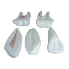 XC-305, Human Teeth Model, Expansion Model of Human Teeth, XC-305 Expansion Model of Human Teeth, #B Scientific XC-305 Expansion Model of Human Teeth, China XC-305 elitetradebd, XC-BLS, XC-BLS Basic life support, BLS manikin (CPR & AED simulator) AED monitor, XC-101, XC-101 Life size skeleton (180 cm) with stand, XC-101 A, XC-101 A Skeleton (180 cm) Muscles & Ligaments, XC-101 E, XC-101 E Skeleton (180 cm) Flexible, XC-101 F, XC-101 F Flexible Skeleton with Ligaments, XC-102, XC-102 Skeleton (85 cm), XC-102 A, XC-102 A Skeleton (85 cm) with Spinal Nerves, XC-102 B, XC-102 B Skeleton (85 cm) with Spinal Nerves & Blood Vessel, XC-102 C, XC-102 C Skeleton (85 cm) with Painted Muscles, XC-102 CN, XC-102 CN Skeleton (85 cm) with Painted Muscles, XC-103, XC-103 Mini Skeleton, XC-104, XC-104 Life size Skull, XC-104 B, XC-104 B Life size Skull Painted, XC-104 C, XC-104 C Life size Skull colored bones, XC-104 D, XC-104 D Deluxe Life size Skull (Style D), XC-104 E, XC-104 E Skull with 8 parts Brain, XC-105, XC-105 Life size Vertebrae Column with Pelvis, XC-105 A, XC-105 A Vertebrae Column with Pelvis & Painted Muscles, XC-105 AN, XC-105 AN Vertebrae Column with Pelvis & Numbered Painted Muscles, XC-105 C, XC-105 C Didactic Flexible Vertebrae Column with Pelvis, XC-106, XC-106 Miniature Plastic Skull, XC-107, XC-107 Life size Vertebral column, XC-107 A, XC-107 A Vertebral column with painted muscles, XC-107 C, XC-107 C Didactic Vertebral column, XC-107 D, XC-107 D Vertebral column disarticulate model, XC-109, XC-109 Life size shoulder joint, XC-109 A, XC-109 A Life size muscled Shoulder joint, XC-110, XC-110 Life size Hip Joint, XC-111, XC-111 Life size Knee Joint, XC-112, XC-112 Life size Elbow Joint, XC-113, XC-113 Life size foot Joint, XC-113 A, XC-113 A Life size foot Joint with Ligaments, XC-114 Life size hand Joint, XC-114 A, XC-114 A Life size hand Joint with Ligaments, XC-115, XC-115 Life size pelvis with 5 pcs Lumber Vertebrae, XC-115 A, XC-115 A Half size pelvis with 5 pcs Lumber Vertebrae, XC-116, XC-116 Lumber set 2 Pcs, XC-117, XC-117 Lumber set 3 Pcs, XC-118, XC-118 Lumber set 4 Pcs, XC-119, XC-119 Life size lumber Vertebrae with sacrum & Coccyx & Herniated, XC-119 A, XC-119 A Mini Lumber Vertebrae with Sacrum & Coccyx & Herniated Disc, XC-120, XC-120 Thoracic Spinal Column, XC-121, XC-121 Life size Upper Extremity, XC-122, XC-122 Life size lower Extremity, XC-123, XC-123 Adult male Pelvis, XC-124, XC-124 Adult Female Pelvis, XC-125, XC-125 Female Pelvic Muscles & Organs, XC-126, XC-126 Life size vertebral clumn with pelvis & Femur head, XC-126A, XC-126A vertebral clumn with pelvis & Femur heads & Painted Muscies, XC-126AN, XC-126AN vertebral clumn with pelvis & Femur heads and numbered Painted Muscies, XC-126 C, XC-126 C Didactic vertebral clumn with pelvis & Femur head, XC-126 D, XC-126 D Flexible vertebral with removable Pelvis & Femur, XC-127, XC-127 Birth Demonstration, XC-128, XC-128 Life size pelvis with 2 Pcs Lumber Vertebrae, XC-130, XC-130 Disarticulated Skeleton with Skull, XC-133, XC-133 Cervical Vertebral Clumn with Nack Artery, XC-134, XC-134 Cutaway Osteoporosis, XC-135, XC-135 Skull with CervicalmSpine, XC-135 E, XC-135 E Skull with Brain and Cervical Spain 8 Parts, XC-201, XC-201 Male Torso (85 cm) 19 Parts, XC-202 A, XC-202 A Male Torso (42 cm) 13 Parts, XC-203, XC-203 Torso (26 cm) 15 Parts, XC-204, XC-204 Unisex Torso (85 cm) 23 Parts, XC-205, XC-205 Unisex Torso (45 cm) 23 Parts, XC-206, XC-206 Sexless Torso (85 cm) 20 Parts, XC-207, XC-207 Sexless Torso (42 cm) 18 Parts, XC-208, XC-208 Unisex Torso (85 cm) 40 Parts, XC-209, XC-209 Unisex Torso (85 cm) 20 Parts, XC-210, XC-210 Unisex Torso (85 cm) 30 Parts, XC-301, XC-301 Magnified Human Lartnx, XC-302, XC-302 Magnified Pulmonary Alveoli, XC-303 A, XC-303 A Giant Ear, XC-303 B, XC-303 B Middle Ear, XC-303 C, XC-303 C New Style Giant Ear, XC-303 D, XC-303 D Desktop Ear, XC-304, XC-304 Brain, XC-304 A, XC-304 A New Style Brain, XC-304 B, XC-304 B Brain, XC-305, XC-305 Expansion of Human Teeth, XC-306, XC-306 Stomach, XC-307, XC-307 Jumbo Heart, XC-307 A, XC-307 A Life size Heart, XC-307 B, XC-307 B New style life size heart, XC-307C, XC-307C New style Jumbo Heart, XC-307 D, XC-307 D Middle Heart, XC-308, XC-308 Brain with Arteries, XC-308 A, XC-308 A Brain with Arterial, XC-308 D, XC-308 D Brain with Arterial 9 Parts, XC-309, XC-309 Anatomy Nasal Cavity, XC-310-1, XC-310-1 Kidney, XC-310-2, XC-310-2 Kidney 2 Parts, XC-310-3, XC-310-3 Kidney with Adrenal Gland, XC-310-4, XC-310-4 Enlarged Kidney, XC-311, XC-311 Liver, Pancreas & Duodenum, XC-312, XC-312 Liver, XC-313, XC-313 Enlarge Skin, XC-313-2, XC-313-2 Skin Block, XC-313-3, XC-313-3 Skin Section, XC-315, XC-315 Digestive System, XC-316, XC-316 Giant Eye, XC-316 A, XC-316 A Giant Eye A, XC-316 B, XC-316 B Eye with Orbit, XC-317, XC-317 Expansion of Urinary Bladder, XC-318, XC-318 Brain with Arteries on Head, XC-318 B, XC-318 B Head with Brain, XC-319, XC-319 Median section of the Head, XC-319 A, XC-319 A Frontal Section & Median Section of the Head, XC-319 B, XC-319 B Frontal section of Head, XC-320, XC-320 Larynx, Heart & Lung, XC-321, XC-321 Lung, XC-321 B, XC-321 B Lung, XC-322, XC-322 Circulatory system, XC-324, XC-324 The Head, XC-325, XC-325 Plam Anatomy, XC-326, XC-326 Normal Flat & Arched Foot, XC-330, XC-330 Transparent Lung Segment, XC-331, XC-331 Male Urogenital system, XC-331 A, XC-331 A Human male Pelvis section Part 1, XC-331 B, XC-331 B Human male Pelvis section Part 2, XC-331 C, XC-331 C Advanced Male internal & external Gental Organs, XC-331 D, XC-331 D Male Gental Organ, XC-332, XC-332 Female Urogenital System, XC-332 A, XC-332 A Female Pelvis section 1 Part, XC-332 B, XC-332 B Female Pelvis section 4 Parts, XC-332 B-1, XC-332 B-1Female Pelvis section 2 Part2, XC-332 C, XC-332 C Advanced Female internal & external Gental Organ, XC-332 D, XC-332 D Female Pelvis, XC-333, XC-333 Urinary system, XC-334, XC-334 Human (80 cm) Muscles Male (27 Parts), XC-335, XC-335 Human Muscles 50 cm 1 Part, XC-336, XC-336 Muscles of human Arm 7 parts, XC-337, XC-337 Muscles of Lower Limb 13 Parts, XC-338, XC-338 Life size human Muscle foot (7 parts), XC-401, XC 401Multifunctional patient care Manikin, XC-401 A, XC-401 A High quality Nurse Trainning Doll (Male), XC-401 A-1, XC-401 A-1 New style High quality Nurse Trainning Doll (Male), XC-401 A-2, XC-401 A-2 Advanced Nurse Trainning Doll (with BP Trainning Arm Male), XC-401 B, XC-401 B High quality Nurse Trainning Doll (Female), XC-401 B-1, XC-401 B-1 New style High quality Nurse Trainning Doll (Female), XC-401 B-2, XC-401 B-2 Advanced Nurse trainning doll (with BP Trainning Arm Female), XC-401 C, XC-401 C Advanced Multifunctional Nursing Trainning Doll, XC-401 D, XC-401 D Advanced Trauma Simulator, XC-401 D-1, XC-401 D-1 Advance Trauma Accessories, XC-401 M, XC-401 M Multifunctional patient care Manikin (Male), XC-402, XC-402 Course of delivery, XC-402 A, XC-402 A Advanced Course of delivery, XC-402 A-1, XC-402 A-1 Delivery Machine, XC-403, XC-403 Dental Care (28 teeth), XC-403 A, XC-403 A Dental Care (32 teeth), XC-403 B, XC-403 B Small Dental Care (28 teeth), XC-403 C, XC-403 C Small Dental Care (32 teeth), XC-403 D, XC-403 D Dental Care with Cheek, XC-404, XC-404 Basic CPR Trainning (half Body), XC-404 A, XC-404 A Half body CPR Trainninf (male), XC-404 B, XC-404 B Half body CPR Trainninf (Female), XC-405, XC-405 Nurse Basic Practice Teaching 5 parts, XC-405 A, XC-405 A Simple male Urethral catheterization simulator, XC-405 B, XC-405 B Simple Female Urethral catheterization simulator, XC-405-2, XC-405-2 Transparent gastric lavage model, XC-406-1, XC-406-1 Whole body basic CPR Manikin style 100 (Male/Female), XC-406-2, XC-406-2 Whole body basic CPR Manikin style 200 (Male/Female), XC-406-5, XC-406-5 Whole body basic CPR Manikin style 500 (Male/Female), XC-406-5 Plus, XC-406-5 Plus New style CPR Trainning Manikin, XC-406A 5 Plus, XC-406A 5 Plus Whole advanced CPR Manikin style 500 (Female), XC-407, XC-407 Human Trachea Intubation, XC-407 A, XC-407 A Advanced Human Trachea Intubation, XC-408, XC-408 Electronic Urinary, XC-408 C, XC-408 C Advanced male Urethral Catheterization simulator, XC-408 D, XC-408 D Advanced female Urethral Catheterization simulator, XC-408 E, XC-408 E Transparant male Urethral Catheterization simulator, XC-408 F, XC-408 F Transparent female Urethral Catheterization simulator, XC-409, XC-409 New Born baby, XC-409 A, XC-409 A New style New Born baby, XC-409A-1, XC-409A-1 New style New Born baby model (Girl), XC-409 B, XC-409 B Advanced New Born care, XC-409 C, XC-409 C Advanced neonate Umbilical cord, XC-409 C-1, XC-409 C-1 Umbilical Cord, XC-409 D, XC-409 D Tracheostomy care infant, XC-409 E, XC-409 E Neonate scalp venipuncture, XC-410, XC-410 New born Intubation, XC-410 A, XC-410 A Infant Intubation trainning, XC-411, XC-411 Gynecological Trainning simulator, XC-412, XC-412 Advanced maternity, XC-414, XC-414 Development process for ferus, XC-414 A, XC-414 A The development process for ferus (half size), XC-416, XC-416 New born CPR Trainning manikin, XC-417, XC-417 Conception Guidance, XC-417 A, XC-417 A Female Contraception Guidance, XC-417 B, XC-417 B Male Condom Simulator (Transparent Base), XC-418, XC-418 Breast Examination, XC-418 B, XC-418 B Lactation Trainning model, Xincheng Scientific Industries Co., Ltd, Xincheng Scientific Model, Xincheng Scientific Human model, Xincheng Scientific Human body models, Models, Charts, Human body charts, China Models, China Chart, XC-BLS price in bd, XC-BLS Basic life support price in bd, BLS manikin (CPR & AED simulator) AED monitor price in bd, XC-101 price in bd, XC-101 Life size skeleton (180 cm) with stand price in bd, XC-101 A price in bd, XC-101 A Skeleton (180 cm) Muscles & Ligaments price in bd, XC-101 E price in bd, XC-101 E Skeleton (180 cm) Flexible price in bd, XC-101 F price in bd, XC-101 F Flexible Skeleton with Ligaments price in bd, XC-102 price in bd, XC-102 Skeleton (85 cm) price in bd, XC-102 A price in bd, XC-102 A Skeleton (85 cm) with Spinal Nerves price in bd, XC-102 B price in bd, XC-102 B Skeleton (85 cm) with Spinal Nerves & Blood Vessel price in bd, XC-102 C price in bd, XC-102 C Skeleton (85 cm) with Painted Muscles price in bd, XC-102 CN price in bd, XC-102 CN Skeleton (85 cm) with Painted Muscles price in bd, XC-103 price in bd, XC-103 Mini Skeleton price in bd, XC-104 price in bd, XC-104 Life size Skull price in bd, XC-104 B price in bd, XC-104 B Life size Skull Painted price in bd, XC-104 C price in bd, XC-104 C Life size Skull colored bones price in bd, XC-104 D price in bd, XC-104 D Deluxe Life size Skull (Style D) price in bd, XC-104 E price in bd, XC-104 E Skull with 8 parts Brain price in bd, XC-105 price in bd, XC-105 Life size Vertebrae Column with Pelvis price in bd, XC-105 A price in bd, XC-105 A Vertebrae Column with Pelvis & Painted Muscles price in bd, XC-105 AN price in bd, XC-105 AN Vertebrae Column with Pelvis & Numbered Painted Muscles price in bd, XC-105 C price in bd, XC-105 C Didactic Flexible Vertebrae Column with Pelvis price in bd, XC-106 price in bd, XC-106 Miniature Plastic Skull price in bd, XC-107 price in bd, XC-107 Life size Vertebral column price in bd, XC-107 A price in bd, XC-107 A Vertebral column with painted muscles price in bd, XC-107 C price in bd, XC-107 C Didactic Vertebral column price in bd, XC-107 D price in bd, XC-107 D Vertebral column disarticulate model price in bd, XC-109 price in bd, XC-109 Life size shoulder joint price in bd, XC-109 A price in bd, XC-109 A Life size muscled Shoulder joint price in bd, XC-110 price in bd, XC-110 Life size Hip Joint price in bd, XC-111 price in bd, XC-111 Life size Knee Joint price in bd, XC-112 price in bd, XC-112 Life size Elbow Joint price in bd, XC-113 price in bd, XC-113 Life size foot Joint price in bd, XC-113 A price in bd, XC-113 A Life size foot Joint with Ligaments price in bd, XC-114 Life size hand Joint price in bd, XC-114 A price in bd, XC-114 A Life size hand Joint with Ligaments price in bd, XC-115 price in bd, XC-115 Life size pelvis with 5 pcs Lumber Vertebrae price in bd, XC-115 A price in bd, XC-115 A Half size pelvis with 5 pcs Lumber Vertebrae price in bd, XC-116 price in bd, XC-116 Lumber set 2 Pcs price in bd, XC-117 price in bd, XC-117 Lumber set 3 Pcs price in bd, XC-118 price in bd, XC-118 Lumber set 4 Pcs price in bd, XC-119 price in bd, XC-119 Life size lumber Vertebrae with sacrum & Coccyx & Herniated price in bd, XC-119 A price in bd, XC-119 A Mini Lumber Vertebrae with Sacrum & Coccyx & Herniated Disc price in bd, XC-120 price in bd, XC-120 Thoracic Spinal Column price in bd, XC-121 price in bd, XC-121 Life size Upper Extremity price in bd, XC-122 price in bd, XC-122 Life size lower Extremity price in bd, XC-123 price in bd, XC-123 Adult male Pelvis price in bd, XC-124 price in bd, XC-124 Adult Female Pelvis price in bd, XC-125 price in bd, XC-125 Female Pelvic Muscles & Organs price in bd, XC-126 price in bd, XC-126 Life size vertebral clumn with pelvis & Femur head price in bd, XC-126A price in bd, XC-126A vertebral clumn with pelvis & Femur heads & Painted Muscies price in bd, XC-126AN price in bd, XC-126AN vertebral clumn with pelvis & Femur heads and numbered Painted Muscies price in bd, XC-126 C price in bd, XC-126 C Didactic vertebral clumn with pelvis & Femur head price in bd, XC-126 D price in bd, XC-126 D Flexible vertebral with removable Pelvis & Femur price in bd, XC-127 price in bd, XC-127 Birth Demonstration price in bd, XC-128 price in bd, XC-128 Life size pelvis with 2 Pcs Lumber Vertebrae price in bd, XC-130 price in bd, XC-130 Disarticulated Skeleton with Skull price in bd, XC-133 price in bd, XC-133 Cervical Vertebral Clumn with Nack Artery price in bd, XC-134 price in bd, XC-134 Cutaway Osteoporosis price in bd, XC-135 price in bd, XC-135 Skull with CervicalmSpine price in bd, XC-135 E price in bd, XC-135 E Skull with Brain and Cervical Spain 8 Parts price in bd, XC-201 price in bd, XC-201 Male Torso (85 cm) 19 Parts price in bd, XC-202 A price in bd, XC-202 A Male Torso (42 cm) 13 Parts price in bd, XC-203 price in bd, XC-203 Torso (26 cm) 15 Parts price in bd, XC-204 price in bd, XC-204 Unisex Torso (85 cm) 23 Parts price in bd, XC-205 price in bd, XC-205 Unisex Torso (45 cm) 23 Parts price in bd, XC-206 price in bd, XC-206 Sexless Torso (85 cm) 20 Parts price in bd, XC-207 price in bd, XC-207 Sexless Torso (42 cm) 18 Parts price in bd, XC-208 price in bd, XC-208 Unisex Torso (85 cm) 40 Parts price in bd, XC-209 price in bd, XC-209 Unisex Torso (85 cm) 20 Parts price in bd, XC-210 price in bd, XC-210 Unisex Torso (85 cm) 30 Parts price in bd, XC-301 price in bd, XC-301 Magnified Human Lartnx price in bd, XC-302 price in bd, XC-302 Magnified Pulmonary Alveoli price in bd, XC-303 A price in bd, XC-303 A Giant Ear price in bd, XC-303 B price in bd, XC-303 B Middle Ear price in bd, XC-303 C price in bd, XC-303 C New Style Giant Ear price in bd, XC-303 D price in bd, XC-303 D Desktop Ear price in bd, XC-304 price in bd, XC-304 Brain price in bd, XC-304 A price in bd, XC-304 A New Style Brain price in bd, XC-304 B price in bd, XC-304 B Brain price in bd, XC-305 price in bd, XC-305 Expansion of Human Teeth price in bd, XC-306 price in bd, XC-306 Stomach price in bd, XC-307 price in bd, XC-307 Jumbo Heart price in bd, XC-307 A price in bd, XC-307 A Life size Heart price in bd, XC-307 B price in bd, XC-307 B New style life size heart price in bd, XC-307C price in bd, XC-307C New style Jumbo Heart price in bd, XC-307 D price in bd, XC-307 D Middle Heart price in bd, XC-308 price in bd, XC-308 Brain with Arteries price in bd, XC-308 A price in bd, XC-308 A Brain with Arterial price in bd, XC-308 D price in bd, XC-308 D Brain with Arterial 9 Parts price in bd, XC-309 price in bd, XC-309 Anatomy Nasal Cavity price in bd, XC-310-1 price in bd, XC-310-1 Kidney price in bd, XC-310-2 price in bd, XC-310-2 Kidney 2 Parts price in bd, XC-310-3 price in bd, XC-310-3 Kidney with Adrenal Gland price in bd, XC-310-4 price in bd, XC-310-4 Enlarged Kidney price in bd, XC-311 price in bd, XC-311 Liver price in bd, Pancreas & Duodenum price in bd, XC-312 price in bd, XC-312 Liver price in bd, XC-313 price in bd, XC-313 Enlarge Skin price in bd, XC-313-2 price in bd, XC-313-2 Skin Block price in bd, XC-313-3 price in bd, XC-313-3 Skin Section price in bd, XC-315 price in bd, XC-315 Digestive System price in bd, XC-316 price in bd, XC-316 Giant Eye price in bd, XC-316 A price in bd, XC-316 A Giant Eye A price in bd, XC-316 B price in bd, XC-316 B Eye with Orbit price in bd, XC-317 price in bd, XC-317 Expansion of Urinary Bladder price in bd, XC-318 price in bd, XC-318 Brain with Arteries on Head price in bd, XC-318 B price in bd, XC-318 B Head with Brain price in bd, XC-319 price in bd, XC-319 Median section of the Head price in bd, XC-319 A price in bd, XC-319 A Frontal Section & Median Section of the Head price in bd, XC-319 B price in bd, XC-319 B Frontal section of Head price in bd, XC-320 price in bd, XC-320 Larynx price in bd, Heart & Lung price in bd, XC-321 price in bd, XC-321 Lung price in bd, XC-321 B price in bd, XC-321 B Lung price in bd, XC-322 price in bd, XC-322 Circulatory system price in bd, XC-324 price in bd, XC-324 The Head price in bd, XC-325 price in bd, XC-325 Plam Anatomy price in bd, XC-326 price in bd, XC-326 Normal Flat & Arched Foot price in bd, XC-330 price in bd, XC-330 Transparent Lung Segment price in bd, XC-331 price in bd, XC-331 Male Urogenital system price in bd, XC-331 A price in bd, XC-331 A Human male Pelvis section Part 1 price in bd, XC-331 B price in bd, XC-331 B Human male Pelvis section Part 2 price in bd, XC-331 C price in bd, XC-331 C Advanced Male internal & external Gental Organs price in bd, XC-331 D price in bd, XC-331 D Male Gental Organ price in bd, XC-332 price in bd, XC-332 Female Urogenital System price in bd, XC-332 A price in bd, XC-332 A Female Pelvis section 1 Part price in bd, XC-332 B price in bd, XC-332 B Female Pelvis section 4 Parts price in bd, XC-332 B-1 price in bd, XC-332 B-1Female Pelvis section 2 Part2 price in bd, XC-332 C price in bd, XC-332 C Advanced Female internal & external Gental Organ price in bd, XC-332 D price in bd, XC-332 D Female Pelvis price in bd, XC-333 price in bd, XC-333 Urinary system price in bd, XC-334 price in bd, XC-334 Human (80 cm) Muscles Male (27 Parts) price in bd, XC-335 price in bd, XC-335 Human Muscles 50 cm 1 Part price in bd, XC-336 price in bd, XC-336 Muscles of human Arm 7 parts price in bd, XC-337 price in bd, XC-337 Muscles of Lower Limb 13 Parts price in bd, XC-338 price in bd, XC-338 Life size human Muscle foot (7 parts) price in bd, XC-401 price in bd, XC 401Multifunctional patient care Manikin price in bd, XC-401 A price in bd, XC-401 A High quality Nurse Trainning Doll (Male) price in bd, XC-401 A-1 price in bd, XC-401 A-1 New style High quality Nurse Trainning Doll (Male) price in bd, XC-401 A-2 price in bd, XC-401 A-2 Advanced Nurse Trainning Doll (with BP Trainning Arm Male) price in bd, XC-401 B price in bd, XC-401 B High quality Nurse Trainning Doll (Female) price in bd, XC-401 B-1 price in bd, XC-401 B-1 New style High quality Nurse Trainning Doll (Female) price in bd, XC-401 B-2 price in bd, XC-401 B-2 Advanced Nurse trainning doll (with BP Trainning Arm Female) price in bd, XC-401 C price in bd, XC-401 C Advanced Multifunctional Nursing Trainning Doll price in bd, XC-401 D price in bd, XC-401 D Advanced Trauma Simulator price in bd, XC-401 D-1 price in bd, XC-401 D-1 Advance Trauma Accessories price in bd, XC-401 M price in bd, XC-401 M Multifunctional patient care Manikin (Male) price in bd, XC-402 price in bd, XC-402 Course of delivery price in bd, XC-402 A price in bd, XC-402 A Advanced Course of delivery price in bd, XC-402 A-1 price in bd, XC-402 A-1 Delivery Machine price in bd, XC-403 price in bd, XC-403 Dental Care (28 teeth) price in bd, XC-403 A price in bd, XC-403 A Dental Care (32 teeth) price in bd, XC-403 B price in bd, XC-403 B Small Dental Care (28 teeth) price in bd, XC-403 C price in bd, XC-403 C Small Dental Care (32 teeth) price in bd, XC-403 D price in bd, XC-403 D Dental Care with Cheek price in bd, XC-404 price in bd, XC-404 Basic CPR Trainning (half Body) price in bd, XC-404 A price in bd, XC-404 A Half body CPR Trainninf (male) price in bd, XC-404 B price in bd, XC-404 B Half body CPR Trainninf (Female) price in bd, XC-405 price in bd, XC-405 Nurse Basic Practice Teaching 5 parts price in bd, XC-405 A price in bd, XC-405 A Simple male Urethral catheterization simulator price in bd, XC-405 B price in bd, XC-405 B Simple Female Urethral catheterization simulator price in bd, XC-405-2 price in bd, XC-405-2 Transparent gastric lavage model price in bd, XC-406-1 price in bd, XC-406-1 Whole body basic CPR Manikin style 100 (Male/Female) price in bd, XC-406-2 price in bd, XC-406-2 Whole body basic CPR Manikin style 200 (Male/Female) price in bd, XC-406-5 price in bd, XC-406-5 Whole body basic CPR Manikin style 500 (Male/Female) price in bd, XC-406-5 Plus price in bd, XC-406-5 Plus New style CPR Trainning Manikin price in bd, XC-406A 5 Plus price in bd, XC-406A 5 Plus Whole advanced CPR Manikin style 500 (Female) price in bd, XC-407 price in bd, XC-407 Human Trachea Intubation price in bd, XC-407 A price in bd, XC-407 A Advanced Human Trachea Intubation price in bd, XC-408 price in bd, XC-408 Electronic Urinary price in bd, XC-408 C price in bd, XC-408 C Advanced male Urethral Catheterization simulator price in bd, XC-408 D price in bd, XC-408 D Advanced female Urethral Catheterization simulator price in bd, XC-408 E price in bd, XC-408 E Transparant male Urethral Catheterization simulator price in bd, XC-408 F price in bd, XC-408 F Transparent female Urethral Catheterization simulator price in bd, XC-409 price in bd, XC-409 New Born baby price in bd, XC-409 A price in bd, XC-409 A New style New Born baby price in bd, XC-409A-1 price in bd, XC-409A-1 New style New Born baby model (Girl) price in bd, XC-409 B price in bd, XC-409 B Advanced New Born care price in bd, XC-409 C price in bd, XC-409 C Advanced neonate Umbilical cord price in bd, XC-409 C-1 price in bd, XC-409 C-1 Umbilical Cord price in bd, XC-409 D price in bd, XC-409 D Tracheostomy care infant price in bd, XC-409 E price in bd, XC-409 E Neonate scalp venipuncture price in bd, XC-410 price in bd, XC-410 New born Intubation price in bd, XC-410 A price in bd, XC-410 A Infant Intubation trainning price in bd, XC-411 price in bd, XC-411 Gynecological Trainning simulator price in bd, XC-412 price in bd, XC-412 Advanced maternity price in bd, XC-414 price in bd, XC-414 Development process for ferus price in bd, XC-414 A price in bd, XC-414 A The development process for ferus (half size) price in bd, XC-416 price in bd, XC-416 New born CPR Trainning manikin price in bd, XC-417 price in bd, XC-417 Conception Guidance price in bd, XC-417 A price in bd, XC-417 A Female Contraception Guidance price in bd, XC-417 B price in bd, XC-417 B Male Condom Simulator (Transparent Base) price in bd, XC-418 price in bd, XC-418 Breast Examination price in bd, XC-418 B price in bd, XC-418 B Lactation Trainning model price in bd, XC-BLS saler in bd, XC-BLS Basic life support saler in bd, BLS manikin (CPR & AED simulator) AED monitor saler in bd, XC-101 saler in bd, XC-101 Life size skeleton (180 cm) with stand saler in bd, XC-101 A saler in bd, XC-101 A Skeleton (180 cm) Muscles & Ligaments saler in bd, XC-101 E saler in bd, XC-101 E Skeleton (180 cm) Flexible saler in bd, XC-101 F saler in bd, XC-101 F Flexible Skeleton with Ligaments saler in bd, XC-102 saler in bd, XC-102 Skeleton (85 cm) saler in bd, XC-102 A saler in bd, XC-102 A Skeleton (85 cm) with Spinal Nerves saler in bd, XC-102 B saler in bd, XC-102 B Skeleton (85 cm) with Spinal Nerves & Blood Vessel saler in bd, XC-102 C saler in bd, XC-102 C Skeleton (85 cm) with Painted Muscles saler in bd, XC-102 CN saler in bd, XC-102 CN Skeleton (85 cm) with Painted Muscles saler in bd, XC-103 saler in bd, XC-103 Mini Skeleton saler in bd, XC-104 saler in bd, XC-104 Life size Skull saler in bd, XC-104 B saler in bd, XC-104 B Life size Skull Painted saler in bd, XC-104 C saler in bd, XC-104 C Life size Skull colored bones saler in bd, XC-104 D saler in bd, XC-104 D Deluxe Life size Skull (Style D) saler in bd, XC-104 E saler in bd, XC-104 E Skull with 8 parts Brain saler in bd, XC-105 saler in bd, XC-105 Life size Vertebrae Column with Pelvis saler in bd, XC-105 A saler in bd, XC-105 A Vertebrae Column with Pelvis & Painted Muscles saler in bd, XC-105 AN saler in bd, XC-105 AN Vertebrae Column with Pelvis & Numbered Painted Muscles saler in bd, XC-105 C saler in bd, XC-105 C Didactic Flexible Vertebrae Column with Pelvis saler in bd, XC-106 saler in bd, XC-106 Miniature Plastic Skull saler in bd, XC-107 saler in bd, XC-107 Life size Vertebral column saler in bd, XC-107 A saler in bd, XC-107 A Vertebral column with painted muscles saler in bd, XC-107 C saler in bd, XC-107 C Didactic Vertebral column saler in bd, XC-107 D saler in bd, XC-107 D Vertebral column disarticulate model saler in bd, XC-109 saler in bd, XC-109 Life size shoulder joint saler in bd, XC-109 A saler in bd, XC-109 A Life size muscled Shoulder joint saler in bd, XC-110 saler in bd, XC-110 Life size Hip Joint saler in bd, XC-111 saler in bd, XC-111 Life size Knee Joint saler in bd, XC-112 saler in bd, XC-112 Life size Elbow Joint saler in bd, XC-113 saler in bd, XC-113 Life size foot Joint saler in bd, XC-113 A saler in bd, XC-113 A Life size foot Joint with Ligaments saler in bd, XC-114 Life size hand Joint saler in bd, XC-114 A saler in bd, XC-114 A Life size hand Joint with Ligaments saler in bd, XC-115 saler in bd, XC-115 Life size pelvis with 5 pcs Lumber Vertebrae saler in bd, XC-115 A saler in bd, XC-115 A Half size pelvis with 5 pcs Lumber Vertebrae saler in bd, XC-116 saler in bd, XC-116 Lumber set 2 Pcs saler in bd, XC-117 saler in bd, XC-117 Lumber set 3 Pcs saler in bd, XC-118 saler in bd, XC-118 Lumber set 4 Pcs saler in bd, XC-119 saler in bd, XC-119 Life size lumber Vertebrae with sacrum & Coccyx & Herniated saler in bd, XC-119 A saler in bd, XC-119 A Mini Lumber Vertebrae with Sacrum & Coccyx & Herniated Disc saler in bd, XC-120 saler in bd, XC-120 Thoracic Spinal Column saler in bd, XC-121 saler in bd, XC-121 Life size Upper Extremity saler in bd, XC-122 saler in bd, XC-122 Life size lower Extremity saler in bd, XC-123 saler in bd, XC-123 Adult male Pelvis saler in bd, XC-124 saler in bd, XC-124 Adult Female Pelvis saler in bd, XC-125 saler in bd, XC-125 Female Pelvic Muscles & Organs saler in bd, XC-126 saler in bd, XC-126 Life size vertebral clumn with pelvis & Femur head saler in bd, XC-126A saler in bd, XC-126A vertebral clumn with pelvis & Femur heads & Painted Muscies saler in bd, XC-126AN saler in bd, XC-126AN vertebral clumn with pelvis & Femur heads and numbered Painted Muscies saler in bd, XC-126 C saler in bd, XC-126 C Didactic vertebral clumn with pelvis & Femur head saler in bd, XC-126 D saler in bd, XC-126 D Flexible vertebral with removable Pelvis & Femur saler in bd, XC-127 saler in bd, XC-127 Birth Demonstration saler in bd, XC-128 saler in bd, XC-128 Life size pelvis with 2 Pcs Lumber Vertebrae saler in bd, XC-130 saler in bd, XC-130 Disarticulated Skeleton with Skull saler in bd, XC-133 saler in bd, XC-133 Cervical Vertebral Clumn with Nack Artery saler in bd, XC-134 saler in bd, XC-134 Cutaway Osteoporosis saler in bd, XC-135 saler in bd, XC-135 Skull with CervicalmSpine saler in bd, XC-135 E saler in bd, XC-135 E Skull with Brain and Cervical Spain 8 Parts saler in bd, XC-201 saler in bd, XC-201 Male Torso (85 cm) 19 Parts saler in bd, XC-202 A saler in bd, XC-202 A Male Torso (42 cm) 13 Parts saler in bd, XC-203 saler in bd, XC-203 Torso (26 cm) 15 Parts saler in bd, XC-204 saler in bd, XC-204 Unisex Torso (85 cm) 23 Parts saler in bd, XC-205 saler in bd, XC-205 Unisex Torso (45 cm) 23 Parts saler in bd, XC-206 saler in bd, XC-206 Sexless Torso (85 cm) 20 Parts saler in bd, XC-207 saler in bd, XC-207 Sexless Torso (42 cm) 18 Parts saler in bd, XC-208 saler in bd, XC-208 Unisex Torso (85 cm) 40 Parts saler in bd, XC-209 saler in bd, XC-209 Unisex Torso (85 cm) 20 Parts saler in bd, XC-210 saler in bd, XC-210 Unisex Torso (85 cm) 30 Parts saler in bd, XC-301 saler in bd, XC-301 Magnified Human Lartnx saler in bd, XC-302 saler in bd, XC-302 Magnified Pulmonary Alveoli saler in bd, XC-303 A saler in bd, XC-303 A Giant Ear saler in bd, XC-303 B saler in bd, XC-303 B Middle Ear saler in bd, XC-303 C saler in bd, XC-303 C New Style Giant Ear saler in bd, XC-303 D saler in bd, XC-303 D Desktop Ear saler in bd, XC-304 saler in bd, XC-304 Brain saler in bd, XC-304 A saler in bd, XC-304 A New Style Brain saler in bd, XC-304 B saler in bd, XC-304 B Brain saler in bd, XC-305 saler in bd, XC-305 Expansion of Human Teeth saler in bd, XC-306 saler in bd, XC-306 Stomach saler in bd, XC-307 saler in bd, XC-307 Jumbo Heart saler in bd, XC-307 A saler in bd, XC-307 A Life size Heart saler in bd, XC-307 B saler in bd, XC-307 B New style life size heart saler in bd, XC-307C saler in bd, XC-307C New style Jumbo Heart saler in bd, XC-307 D saler in bd, XC-307 D Middle Heart saler in bd, XC-308 saler in bd, XC-308 Brain with Arteries saler in bd, XC-308 A saler in bd, XC-308 A Brain with Arterial saler in bd, XC-308 D saler in bd, XC-308 D Brain with Arterial 9 Parts saler in bd, XC-309 saler in bd, XC-309 Anatomy Nasal Cavity saler in bd, XC-310-1 saler in bd, XC-310-1 Kidney saler in bd, XC-310-2 saler in bd, XC-310-2 Kidney 2 Parts saler in bd, XC-310-3 saler in bd, XC-310-3 Kidney with Adrenal Gland saler in bd, XC-310-4 saler in bd, XC-310-4 Enlarged Kidney saler in bd, XC-311 saler in bd, XC-311 Liver saler in bd, Pancreas & Duodenum saler in bd, XC-312 saler in bd, XC-312 Liver saler in bd, XC-313 saler in bd, XC-313 Enlarge Skin saler in bd, XC-313-2 saler in bd, XC-313-2 Skin Block saler in bd, XC-313-3 saler in bd, XC-313-3 Skin Section saler in bd, XC-315 saler in bd, XC-315 Digestive System saler in bd, XC-316 saler in bd, XC-316 Giant Eye saler in bd, XC-316 A saler in bd, XC-316 A Giant Eye A saler in bd, XC-316 B saler in bd, XC-316 B Eye with Orbit saler in bd, XC-317 saler in bd, XC-317 Expansion of Urinary Bladder saler in bd, XC-318 saler in bd, XC-318 Brain with Arteries on Head saler in bd, XC-318 B saler in bd, XC-318 B Head with Brain saler in bd, XC-319 saler in bd, XC-319 Median section of the Head saler in bd, XC-319 A saler in bd, XC-319 A Frontal Section & Median Section of the Head saler in bd, XC-319 B saler in bd, XC-319 B Frontal section of Head saler in bd, XC-320 saler in bd, XC-320 Larynx saler in bd, Heart & Lung saler in bd, XC-321 saler in bd, XC-321 Lung saler in bd, XC-321 B saler in bd, XC-321 B Lung saler in bd, XC-322 saler in bd, XC-322 Circulatory system saler in bd, XC-324 saler in bd, XC-324 The Head saler in bd, XC-325 saler in bd, XC-325 Plam Anatomy saler in bd, XC-326 saler in bd, XC-326 Normal Flat & Arched Foot saler in bd, XC-330 saler in bd, XC-330 Transparent Lung Segment saler in bd, XC-331 saler in bd, XC-331 Male Urogenital system saler in bd, XC-331 A saler in bd, XC-331 A Human male Pelvis section Part 1 saler in bd, XC-331 B saler in bd, XC-331 B Human male Pelvis section Part 2 saler in bd, XC-331 C saler in bd, XC-331 C Advanced Male internal & external Gental Organs saler in bd, XC-331 D saler in bd, XC-331 D Male Gental Organ saler in bd, XC-332 saler in bd, XC-332 Female Urogenital System saler in bd, XC-332 A saler in bd, XC-332 A Female Pelvis section 1 Part saler in bd, XC-332 B saler in bd, XC-332 B Female Pelvis section 4 Parts saler in bd, XC-332 B-1 saler in bd, XC-332 B-1Female Pelvis section 2 Part2 saler in bd, XC-332 C saler in bd, XC-332 C Advanced Female internal & external Gental Organ saler in bd, XC-332 D saler in bd, XC-332 D Female Pelvis saler in bd, XC-333 saler in bd, XC-333 Urinary system saler in bd, XC-334 saler in bd, XC-334 Human (80 cm) Muscles Male (27 Parts) saler in bd, XC-335 saler in bd, XC-335 Human Muscles 50 cm 1 Part saler in bd, XC-336 saler in bd, XC-336 Muscles of human Arm 7 parts saler in bd, XC-337 saler in bd, XC-337 Muscles of Lower Limb 13 Parts saler in bd, XC-338 saler in bd, XC-338 Life size human Muscle foot (7 parts) saler in bd, XC-401 saler in bd, XC 401Multifunctional patient care Manikin saler in bd, XC-401 A saler in bd, XC-401 A High quality Nurse Trainning Doll (Male) saler in bd, XC-401 A-1 saler in bd, XC-401 A-1 New style High quality Nurse Trainning Doll (Male) saler in bd, XC-401 A-2 saler in bd, XC-401 A-2 Advanced Nurse Trainning Doll (with BP Trainning Arm Male) saler in bd, XC-401 B saler in bd, XC-401 B High quality Nurse Trainning Doll (Female) saler in bd, XC-401 B-1 saler in bd, XC-401 B-1 New style High quality Nurse Trainning Doll (Female) saler in bd, XC-401 B-2 saler in bd, XC-401 B-2 Advanced Nurse trainning doll (with BP Trainning Arm Female) saler in bd, XC-401 C saler in bd, XC-401 C Advanced Multifunctional Nursing Trainning Doll saler in bd, XC-401 D saler in bd, XC-401 D Advanced Trauma Simulator saler in bd, XC-401 D-1 saler in bd, XC-401 D-1 Advance Trauma Accessories saler in bd, XC-401 M saler in bd, XC-401 M Multifunctional patient care Manikin (Male) saler in bd, XC-402 saler in bd, XC-402 Course of delivery saler in bd, XC-402 A saler in bd, XC-402 A Advanced Course of delivery saler in bd, XC-402 A-1 saler in bd, XC-402 A-1 Delivery Machine saler in bd, XC-403 saler in bd, XC-403 Dental Care (28 teeth) saler in bd, XC-403 A saler in bd, XC-403 A Dental Care (32 teeth) saler in bd, XC-403 B saler in bd, XC-403 B Small Dental Care (28 teeth) saler in bd, XC-403 C saler in bd, XC-403 C Small Dental Care (32 teeth) saler in bd, XC-403 D saler in bd, XC-403 D Dental Care with Cheek saler in bd, XC-404 saler in bd, XC-404 Basic CPR Trainning (half Body) saler in bd, XC-404 A saler in bd, XC-404 A Half body CPR Trainninf (male) saler in bd, XC-404 B saler in bd, XC-404 B Half body CPR Trainninf (Female) saler in bd, XC-405 saler in bd, XC-405 Nurse Basic Practice Teaching 5 parts saler in bd, XC-405 A saler in bd, XC-405 A Simple male Urethral catheterization simulator saler in bd, XC-405 B saler in bd, XC-405 B Simple Female Urethral catheterization simulator saler in bd, XC-405-2 saler in bd, XC-405-2 Transparent gastric lavage model saler in bd, XC-406-1 saler in bd, XC-406-1 Whole body basic CPR Manikin style 100 (Male/Female) saler in bd, XC-406-2 saler in bd, XC-406-2 Whole body basic CPR Manikin style 200 (Male/Female) saler in bd, XC-406-5 saler in bd, XC-406-5 Whole body basic CPR Manikin style 500 (Male/Female) saler in bd, XC-406-5 Plus saler in bd, XC-406-5 Plus New style CPR Trainning Manikin saler in bd, XC-406A 5 Plus saler in bd, XC-406A 5 Plus Whole advanced CPR Manikin style 500 (Female) saler in bd, XC-407 saler in bd, XC-407 Human Trachea Intubation saler in bd, XC-407 A saler in bd, XC-407 A Advanced Human Trachea Intubation saler in bd, XC-408 saler in bd, XC-408 Electronic Urinary saler in bd, XC-408 C saler in bd, XC-408 C Advanced male Urethral Catheterization simulator saler in bd, XC-408 D saler in bd, XC-408 D Advanced female Urethral Catheterization simulator saler in bd, XC-408 E saler in bd, XC-408 E Transparant male Urethral Catheterization simulator saler in bd, XC-408 F saler in bd, XC-408 F Transparent female Urethral Catheterization simulator saler in bd, XC-409 saler in bd, XC-409 New Born baby saler in bd, XC-409 A saler in bd, XC-409 A New style New Born baby saler in bd, XC-409A-1 saler in bd, XC-409A-1 New style New Born baby model (Girl) saler in bd, XC-409 B saler in bd, XC-409 B Advanced New Born care saler in bd, XC-409 C saler in bd, XC-409 C Advanced neonate Umbilical cord saler in bd, XC-409 C-1 saler in bd, XC-409 C-1 Umbilical Cord saler in bd, XC-409 D saler in bd, XC-409 D Tracheostomy care infant saler in bd, XC-409 E saler in bd, XC-409 E Neonate scalp venipuncture saler in bd, XC-410 saler in bd, XC-410 New born Intubation saler in bd, XC-410 A saler in bd, XC-410 A Infant Intubation trainning saler in bd, XC-411 saler in bd, XC-411 Gynecological Trainning simulator saler in bd, XC-412 saler in bd, XC-412 Advanced maternity saler in bd, XC-414 saler in bd, XC-414 Development process for ferus saler in bd, XC-414 A saler in bd, XC-414 A The development process for ferus (half size) saler in bd, XC-416 saler in bd, XC-416 New born CPR Trainning manikin saler in bd, XC-417 saler in bd, XC-417 Conception Guidance saler in bd, XC-417 A saler in bd, XC-417 A Female Contraception Guidance saler in bd, XC-417 B saler in bd, XC-417 B Male Condom Simulator (Transparent Base) saler in bd, XC-418 saler in bd, XC-418 Breast Examination saler in bd, XC-418 B saler in bd, XC-418 B Lactation Trainning model saler in bd, XC-BLS seller in bd, XC-BLS Basic life support seller in bd, BLS manikin (CPR & AED simulator) AED monitor seller in bd, XC-101 seller in bd, XC-101 Life size skeleton (180 cm) with stand seller in bd, XC-101 A seller in bd, XC-101 A Skeleton (180 cm) Muscles & Ligaments seller in bd, XC-101 E seller in bd, XC-101 E Skeleton (180 cm) Flexible seller in bd, XC-101 F seller in bd, XC-101 F Flexible Skeleton with Ligaments seller in bd, XC-102 seller in bd, XC-102 Skeleton (85 cm) seller in bd, XC-102 A seller in bd, XC-102 A Skeleton (85 cm) with Spinal Nerves seller in bd, XC-102 B seller in bd, XC-102 B Skeleton (85 cm) with Spinal Nerves & Blood Vessel seller in bd, XC-102 C seller in bd, XC-102 C Skeleton (85 cm) with Painted Muscles seller in bd, XC-102 CN seller in bd, XC-102 CN Skeleton (85 cm) with Painted Muscles seller in bd, XC-103 seller in bd, XC-103 Mini Skeleton seller in bd, XC-104 seller in bd, XC-104 Life size Skull seller in bd, XC-104 B seller in bd, XC-104 B Life size Skull Painted seller in bd, XC-104 C seller in bd, XC-104 C Life size Skull colored bones seller in bd, XC-104 D seller in bd, XC-104 D Deluxe Life size Skull (Style D) seller in bd, XC-104 E seller in bd, XC-104 E Skull with 8 parts Brain seller in bd, XC-105 seller in bd, XC-105 Life size Vertebrae Column with Pelvis seller in bd, XC-105 A seller in bd, XC-105 A Vertebrae Column with Pelvis & Painted Muscles seller in bd, XC-105 AN seller in bd, XC-105 AN Vertebrae Column with Pelvis & Numbered Painted Muscles seller in bd, XC-105 C seller in bd, XC-105 C Didactic Flexible Vertebrae Column with Pelvis seller in bd, XC-106 seller in bd, XC-106 Miniature Plastic Skull seller in bd, XC-107 seller in bd, XC-107 Life size Vertebral column seller in bd, XC-107 A seller in bd, XC-107 A Vertebral column with painted muscles seller in bd, XC-107 C seller in bd, XC-107 C Didactic Vertebral column seller in bd, XC-107 D seller in bd, XC-107 D Vertebral column disarticulate model seller in bd, XC-109 seller in bd, XC-109 Life size shoulder joint seller in bd, XC-109 A seller in bd, XC-109 A Life size muscled Shoulder joint seller in bd, XC-110 seller in bd, XC-110 Life size Hip Joint seller in bd, XC-111 seller in bd, XC-111 Life size Knee Joint seller in bd, XC-112 seller in bd, XC-112 Life size Elbow Joint seller in bd, XC-113 seller in bd, XC-113 Life size foot Joint seller in bd, XC-113 A seller in bd, XC-113 A Life size foot Joint with Ligaments seller in bd, XC-114 Life size hand Joint seller in bd, XC-114 A seller in bd, XC-114 A Life size hand Joint with Ligaments seller in bd, XC-115 seller in bd, XC-115 Life size pelvis with 5 pcs Lumber Vertebrae seller in bd, XC-115 A seller in bd, XC-115 A Half size pelvis with 5 pcs Lumber Vertebrae seller in bd, XC-116 seller in bd, XC-116 Lumber set 2 Pcs seller in bd, XC-117 seller in bd, XC-117 Lumber set 3 Pcs seller in bd, XC-118 seller in bd, XC-118 Lumber set 4 Pcs seller in bd, XC-119 seller in bd, XC-119 Life size lumber Vertebrae with sacrum & Coccyx & Herniated seller in bd, XC-119 A seller in bd, XC-119 A Mini Lumber Vertebrae with Sacrum & Coccyx & Herniated Disc seller in bd, XC-120 seller in bd, XC-120 Thoracic Spinal Column seller in bd, XC-121 seller in bd, XC-121 Life size Upper Extremity seller in bd, XC-122 seller in bd, XC-122 Life size lower Extremity seller in bd, XC-123 seller in bd, XC-123 Adult male Pelvis seller in bd, XC-124 seller in bd, XC-124 Adult Female Pelvis seller in bd, XC-125 seller in bd, XC-125 Female Pelvic Muscles & Organs seller in bd, XC-126 seller in bd, XC-126 Life size vertebral clumn with pelvis & Femur head seller in bd, XC-126A seller in bd, XC-126A vertebral clumn with pelvis & Femur heads & Painted Muscies seller in bd, XC-126AN seller in bd, XC-126AN vertebral clumn with pelvis & Femur heads and numbered Painted Muscies seller in bd, XC-126 C seller in bd, XC-126 C Didactic vertebral clumn with pelvis & Femur head seller in bd, XC-126 D seller in bd, XC-126 D Flexible vertebral with removable Pelvis & Femur seller in bd, XC-127 seller in bd, XC-127 Birth Demonstration seller in bd, XC-128 seller in bd, XC-128 Life size pelvis with 2 Pcs Lumber Vertebrae seller in bd, XC-130 seller in bd, XC-130 Disarticulated Skeleton with Skull seller in bd, XC-133 seller in bd, XC-133 Cervical Vertebral Clumn with Nack Artery seller in bd, XC-134 seller in bd, XC-134 Cutaway Osteoporosis seller in bd, XC-135 seller in bd, XC-135 Skull with CervicalmSpine seller in bd, XC-135 E seller in bd, XC-135 E Skull with Brain and Cervical Spain 8 Parts seller in bd, XC-201 seller in bd, XC-201 Male Torso (85 cm) 19 Parts seller in bd, XC-202 A seller in bd, XC-202 A Male Torso (42 cm) 13 Parts seller in bd, XC-203 seller in bd, XC-203 Torso (26 cm) 15 Parts seller in bd, XC-204 seller in bd, XC-204 Unisex Torso (85 cm) 23 Parts seller in bd, XC-205 seller in bd, XC-205 Unisex Torso (45 cm) 23 Parts seller in bd, XC-206 seller in bd, XC-206 Sexless Torso (85 cm) 20 Parts seller in bd, XC-207 seller in bd, XC-207 Sexless Torso (42 cm) 18 Parts seller in bd, XC-208 seller in bd, XC-208 Unisex Torso (85 cm) 40 Parts seller in bd, XC-209 seller in bd, XC-209 Unisex Torso (85 cm) 20 Parts seller in bd, XC-210 seller in bd, XC-210 Unisex Torso (85 cm) 30 Parts seller in bd, XC-301 seller in bd, XC-301 Magnified Human Lartnx seller in bd, XC-302 seller in bd, XC-302 Magnified Pulmonary Alveoli seller in bd, XC-303 A seller in bd, XC-303 A Giant Ear seller in bd, XC-303 B seller in bd, XC-303 B Middle Ear seller in bd, XC-303 C seller in bd, XC-303 C New Style Giant Ear seller in bd, XC-303 D seller in bd, XC-303 D Desktop Ear seller in bd, XC-304 seller in bd, XC-304 Brain seller in bd, XC-304 A seller in bd, XC-304 A New Style Brain seller in bd, XC-304 B seller in bd, XC-304 B Brain seller in bd, XC-305 seller in bd, XC-305 Expansion of Human Teeth seller in bd, XC-306 seller in bd, XC-306 Stomach seller in bd, XC-307 seller in bd, XC-307 Jumbo Heart seller in bd, XC-307 A seller in bd, XC-307 A Life size Heart seller in bd, XC-307 B seller in bd, XC-307 B New style life size heart seller in bd, XC-307C seller in bd, XC-307C New style Jumbo Heart seller in bd, XC-307 D seller in bd, XC-307 D Middle Heart seller in bd, XC-308 seller in bd, XC-308 Brain with Arteries seller in bd, XC-308 A seller in bd, XC-308 A Brain with Arterial seller in bd, XC-308 D seller in bd, XC-308 D Brain with Arterial 9 Parts seller in bd, XC-309 seller in bd, XC-309 Anatomy Nasal Cavity seller in bd, XC-310-1 seller in bd, XC-310-1 Kidney seller in bd, XC-310-2 seller in bd, XC-310-2 Kidney 2 Parts seller in bd, XC-310-3 seller in bd, XC-310-3 Kidney with Adrenal Gland seller in bd, XC-310-4 seller in bd, XC-310-4 Enlarged Kidney seller in bd, XC-311 seller in bd, XC-311 Liver seller in bd, Pancreas & Duodenum seller in bd, XC-312 seller in bd, XC-312 Liver seller in bd, XC-313 seller in bd, XC-313 Enlarge Skin seller in bd, XC-313-2 seller in bd, XC-313-2 Skin Block seller in bd, XC-313-3 seller in bd, XC-313-3 Skin Section seller in bd, XC-315 seller in bd, XC-315 Digestive System seller in bd, XC-316 seller in bd, XC-316 Giant Eye seller in bd, XC-316 A seller in bd, XC-316 A Giant Eye A seller in bd, XC-316 B seller in bd, XC-316 B Eye with Orbit seller in bd, XC-317 seller in bd, XC-317 Expansion of Urinary Bladder seller in bd, XC-318 seller in bd, XC-318 Brain with Arteries on Head seller in bd, XC-318 B seller in bd, XC-318 B Head with Brain seller in bd, XC-319 seller in bd, XC-319 Median section of the Head seller in bd, XC-319 A seller in bd, XC-319 A Frontal Section & Median Section of the Head seller in bd, XC-319 B seller in bd, XC-319 B Frontal section of Head seller in bd, XC-320 seller in bd, XC-320 Larynx seller in bd, Heart & Lung seller in bd, XC-321 seller in bd, XC-321 Lung seller in bd, XC-321 B seller in bd, XC-321 B Lung seller in bd, XC-322 seller in bd, XC-322 Circulatory system seller in bd, XC-324 seller in bd, XC-324 The Head seller in bd, XC-325 seller in bd, XC-325 Plam Anatomy seller in bd, XC-326 seller in bd, XC-326 Normal Flat & Arched Foot seller in bd, XC-330 seller in bd, XC-330 Transparent Lung Segment seller in bd, XC-331 seller in bd, XC-331 Male Urogenital system seller in bd, XC-331 A seller in bd, XC-331 A Human male Pelvis section Part 1 seller in bd, XC-331 B seller in bd, XC-331 B Human male Pelvis section Part 2 seller in bd, XC-331 C seller in bd, XC-331 C Advanced Male internal & external Gental Organs seller in bd, XC-331 D seller in bd, XC-331 D Male Gental Organ seller in bd, XC-332 seller in bd, XC-332 Female Urogenital System seller in bd, XC-332 A seller in bd, XC-332 A Female Pelvis section 1 Part seller in bd, XC-332 B seller in bd, XC-332 B Female Pelvis section 4 Parts seller in bd, XC-332 B-1 seller in bd, XC-332 B-1Female Pelvis section 2 Part2 seller in bd, XC-332 C seller in bd, XC-332 C Advanced Female internal & external Gental Organ seller in bd, XC-332 D seller in bd, XC-332 D Female Pelvis seller in bd, XC-333 seller in bd, XC-333 Urinary system seller in bd, XC-334 seller in bd, XC-334 Human (80 cm) Muscles Male (27 Parts) seller in bd, XC-335 seller in bd, XC-335 Human Muscles 50 cm 1 Part seller in bd, XC-336 seller in bd, XC-336 Muscles of human Arm 7 parts seller in bd, XC-337 seller in bd, XC-337 Muscles of Lower Limb 13 Parts seller in bd, XC-338 seller in bd, XC-338 Life size human Muscle foot (7 parts) seller in bd, XC-401 seller in bd, XC 401Multifunctional patient care Manikin seller in bd, XC-401 A seller in bd, XC-401 A High quality Nurse Trainning Doll (Male) seller in bd, XC-401 A-1 seller in bd, XC-401 A-1 New style High quality Nurse Trainning Doll (Male) seller in bd, XC-401 A-2 seller in bd, XC-401 A-2 Advanced Nurse Trainning Doll (with BP Trainning Arm Male) seller in bd, XC-401 B seller in bd, XC-401 B High quality Nurse Trainning Doll (Female) seller in bd, XC-401 B-1 seller in bd, XC-401 B-1 New style High quality Nurse Trainning Doll (Female) seller in bd, XC-401 B-2 seller in bd, XC-401 B-2 Advanced Nurse trainning doll (with BP Trainning Arm Female) seller in bd, XC-401 C seller in bd, XC-401 C Advanced Multifunctional Nursing Trainning Doll seller in bd, XC-401 D seller in bd, XC-401 D Advanced Trauma Simulator seller in bd, XC-401 D-1 seller in bd, XC-401 D-1 Advance Trauma Accessories seller in bd, XC-401 M seller in bd, XC-401 M Multifunctional patient care Manikin (Male) seller in bd, XC-402 seller in bd, XC-402 Course of delivery seller in bd, XC-402 A seller in bd, XC-402 A Advanced Course of delivery seller in bd, XC-402 A-1 seller in bd, XC-402 A-1 Delivery Machine seller in bd, XC-403 seller in bd, XC-403 Dental Care (28 teeth) seller in bd, XC-403 A seller in bd, XC-403 A Dental Care (32 teeth) seller in bd, XC-403 B seller in bd, XC-403 B Small Dental Care (28 teeth) seller in bd, XC-403 C seller in bd, XC-403 C Small Dental Care (32 teeth) seller in bd, XC-403 D seller in bd, XC-403 D Dental Care with Cheek seller in bd, XC-404 seller in bd, XC-404 Basic CPR Trainning (half Body) seller in bd, XC-404 A seller in bd, XC-404 A Half body CPR Trainninf (male) seller in bd, XC-404 B seller in bd, XC-404 B Half body CPR Trainninf (Female) seller in bd, XC-405 seller in bd, XC-405 Nurse Basic Practice Teaching 5 parts seller in bd, XC-405 A seller in bd, XC-405 A Simple male Urethral catheterization simulator seller in bd, XC-405 B seller in bd, XC-405 B Simple Female Urethral catheterization simulator seller in bd, XC-405-2 seller in bd, XC-405-2 Transparent gastric lavage model seller in bd, XC-406-1 seller in bd, XC-406-1 Whole body basic CPR Manikin style 100 (Male/Female) seller in bd, XC-406-2 seller in bd, XC-406-2 Whole body basic CPR Manikin style 200 (Male/Female) seller in bd, XC-406-5 seller in bd, XC-406-5 Whole body basic CPR Manikin style 500 (Male/Female) seller in bd, XC-406-5 Plus seller in bd, XC-406-5 Plus New style CPR Trainning Manikin seller in bd, XC-406A 5 Plus seller in bd, XC-406A 5 Plus Whole advanced CPR Manikin style 500 (Female) seller in bd, XC-407 seller in bd, XC-407 Human Trachea Intubation seller in bd, XC-407 A seller in bd, XC-407 A Advanced Human Trachea Intubation seller in bd, XC-408 seller in bd, XC-408 Electronic Urinary seller in bd, XC-408 C seller in bd, XC-408 C Advanced male Urethral Catheterization simulator seller in bd, XC-408 D seller in bd, XC-408 D Advanced female Urethral Catheterization simulator seller in bd, XC-408 E seller in bd, XC-408 E Transparant male Urethral Catheterization simulator seller in bd, XC-408 F seller in bd, XC-408 F Transparent female Urethral Catheterization simulator seller in bd, XC-409 seller in bd, XC-409 New Born baby seller in bd, XC-409 A seller in bd, XC-409 A New style New Born baby seller in bd, XC-409A-1 seller in bd, XC-409A-1 New style New Born baby model (Girl) seller in bd, XC-409 B seller in bd, XC-409 B Advanced New Born care seller in bd, XC-409 C seller in bd, XC-409 C Advanced neonate Umbilical cord seller in bd, XC-409 C-1 seller in bd, XC-409 C-1 Umbilical Cord seller in bd, XC-409 D seller in bd, XC-409 D Tracheostomy care infant seller in bd, XC-409 E seller in bd, XC-409 E Neonate scalp venipuncture seller in bd, XC-410 seller in bd, XC-410 New born Intubation seller in bd, XC-410 A seller in bd, XC-410 A Infant Intubation trainning seller in bd, XC-411 seller in bd, XC-411 Gynecological Trainning simulator seller in bd, XC-412 seller in bd, XC-412 Advanced maternity seller in bd, XC-414 seller in bd, XC-414 Development process for ferus seller in bd, XC-414 A seller in bd, XC-414 A The development process for ferus (half size) seller in bd, XC-416 seller in bd, XC-416 New born CPR Trainning manikin seller in bd, XC-417 seller in bd, XC-417 Conception Guidance seller in bd, XC-417 A seller in bd, XC-417 A Female Contraception Guidance seller in bd, XC-417 B seller in bd, XC-417 B Male Condom Simulator (Transparent Base) seller in bd, XC-418 seller in bd, XC-418 Breast Examination seller in bd, XC-418 B seller in bd, XC-418 B Lactation Trainning model seller in bd, XC-BLS supplier in bd, XC-BLS Basic life support supplier in bd, BLS manikin (CPR & AED simulator) AED monitor supplier in bd, XC-101 supplier in bd, XC-101 Life size skeleton (180 cm) with stand supplier in bd, XC-101 A supplier in bd, XC-101 A Skeleton (180 cm) Muscles & Ligaments supplier in bd, XC-101 E supplier in bd, XC-101 E Skeleton (180 cm) Flexible supplier in bd, XC-101 F supplier in bd, XC-101 F Flexible Skeleton with Ligaments supplier in bd, XC-102 supplier in bd, XC-102 Skeleton (85 cm) supplier in bd, XC-102 A supplier in bd, XC-102 A Skeleton (85 cm) with Spinal Nerves supplier in bd, XC-102 B supplier in bd, XC-102 B Skeleton (85 cm) with Spinal Nerves & Blood Vessel supplier in bd, XC-102 C supplier in bd, XC-102 C Skeleton (85 cm) with Painted Muscles supplier in bd, XC-102 CN supplier in bd, XC-102 CN Skeleton (85 cm) with Painted Muscles supplier in bd, XC-103 supplier in bd, XC-103 Mini Skeleton supplier in bd, XC-104 supplier in bd, XC-104 Life size Skull supplier in bd, XC-104 B supplier in bd, XC-104 B Life size Skull Painted supplier in bd, XC-104 C supplier in bd, XC-104 C Life size Skull colored bones supplier in bd, XC-104 D supplier in bd, XC-104 D Deluxe Life size Skull (Style D) supplier in bd, XC-104 E supplier in bd, XC-104 E Skull with 8 parts Brain supplier in bd, XC-105 supplier in bd, XC-105 Life size Vertebrae Column with Pelvis supplier in bd, XC-105 A supplier in bd, XC-105 A Vertebrae Column with Pelvis & Painted Muscles supplier in bd, XC-105 AN supplier in bd, XC-105 AN Vertebrae Column with Pelvis & Numbered Painted Muscles supplier in bd, XC-105 C supplier in bd, XC-105 C Didactic Flexible Vertebrae Column with Pelvis supplier in bd, XC-106 supplier in bd, XC-106 Miniature Plastic Skull supplier in bd, XC-107 supplier in bd, XC-107 Life size Vertebral column supplier in bd, XC-107 A supplier in bd, XC-107 A Vertebral column with painted muscles supplier in bd, XC-107 C supplier in bd, XC-107 C Didactic Vertebral column supplier in bd, XC-107 D supplier in bd, XC-107 D Vertebral column disarticulate model supplier in bd, XC-109 supplier in bd, XC-109 Life size shoulder joint supplier in bd, XC-109 A supplier in bd, XC-109 A Life size muscled Shoulder joint supplier in bd, XC-110 supplier in bd, XC-110 Life size Hip Joint supplier in bd, XC-111 supplier in bd, XC-111 Life size Knee Joint supplier in bd, XC-112 supplier in bd, XC-112 Life size Elbow Joint supplier in bd, XC-113 supplier in bd, XC-113 Life size foot Joint supplier in bd, XC-113 A supplier in bd, XC-113 A Life size foot Joint with Ligaments supplier in bd, XC-114 Life size hand Joint supplier in bd, XC-114 A supplier in bd, XC-114 A Life size hand Joint with Ligaments supplier in bd, XC-115 supplier in bd, XC-115 Life size pelvis with 5 pcs Lumber Vertebrae supplier in bd, XC-115 A supplier in bd, XC-115 A Half size pelvis with 5 pcs Lumber Vertebrae supplier in bd, XC-116 supplier in bd, XC-116 Lumber set 2 Pcs supplier in bd, XC-117 supplier in bd, XC-117 Lumber set 3 Pcs supplier in bd, XC-118 supplier in bd, XC-118 Lumber set 4 Pcs supplier in bd, XC-119 supplier in bd, XC-119 Life size lumber Vertebrae with sacrum & Coccyx & Herniated supplier in bd, XC-119 A supplier in bd, XC-119 A Mini Lumber Vertebrae with Sacrum & Coccyx & Herniated Disc supplier in bd, XC-120 supplier in bd, XC-120 Thoracic Spinal Column supplier in bd, XC-121 supplier in bd, XC-121 Life size Upper Extremity supplier in bd, XC-122 supplier in bd, XC-122 Life size lower Extremity supplier in bd, XC-123 supplier in bd, XC-123 Adult male Pelvis supplier in bd, XC-124 supplier in bd, XC-124 Adult Female Pelvis supplier in bd, XC-125 supplier in bd, XC-125 Female Pelvic Muscles & Organs supplier in bd, XC-126 supplier in bd, XC-126 Life size vertebral clumn with pelvis & Femur head supplier in bd, XC-126A supplier in bd, XC-126A vertebral clumn with pelvis & Femur heads & Painted Muscies supplier in bd, XC-126AN supplier in bd, XC-126AN vertebral clumn with pelvis & Femur heads and numbered Painted Muscies supplier in bd, XC-126 C supplier in bd, XC-126 C Didactic vertebral clumn with pelvis & Femur head supplier in bd, XC-126 D supplier in bd, XC-126 D Flexible vertebral with removable Pelvis & Femur supplier in bd, XC-127 supplier in bd, XC-127 Birth Demonstration supplier in bd, XC-128 supplier in bd, XC-128 Life size pelvis with 2 Pcs Lumber Vertebrae supplier in bd, XC-130 supplier in bd, XC-130 Disarticulated Skeleton with Skull supplier in bd, XC-133 supplier in bd, XC-133 Cervical Vertebral Clumn with Nack Artery supplier in bd, XC-134 supplier in bd, XC-134 Cutaway Osteoporosis supplier in bd, XC-135 supplier in bd, XC-135 Skull with CervicalmSpine supplier in bd, XC-135 E supplier in bd, XC-135 E Skull with Brain and Cervical Spain 8 Parts supplier in bd, XC-201 supplier in bd, XC-201 Male Torso (85 cm) 19 Parts supplier in bd, XC-202 A supplier in bd, XC-202 A Male Torso (42 cm) 13 Parts supplier in bd, XC-203 supplier in bd, XC-203 Torso (26 cm) 15 Parts supplier in bd, XC-204 supplier in bd, XC-204 Unisex Torso (85 cm) 23 Parts supplier in bd, XC-205 supplier in bd, XC-205 Unisex Torso (45 cm) 23 Parts supplier in bd, XC-206 supplier in bd, XC-206 Sexless Torso (85 cm) 20 Parts supplier in bd, XC-207 supplier in bd, XC-207 Sexless Torso (42 cm) 18 Parts supplier in bd, XC-208 supplier in bd, XC-208 Unisex Torso (85 cm) 40 Parts supplier in bd, XC-209 supplier in bd, XC-209 Unisex Torso (85 cm) 20 Parts supplier in bd, XC-210 supplier in bd, XC-210 Unisex Torso (85 cm) 30 Parts supplier in bd, XC-301 supplier in bd, XC-301 Magnified Human Lartnx supplier in bd, XC-302 supplier in bd, XC-302 Magnified Pulmonary Alveoli supplier in bd, XC-303 A supplier in bd, XC-303 A Giant Ear supplier in bd, XC-303 B supplier in bd, XC-303 B Middle Ear supplier in bd, XC-303 C supplier in bd, XC-303 C New Style Giant Ear supplier in bd, XC-303 D supplier in bd, XC-303 D Desktop Ear supplier in bd, XC-304 supplier in bd, XC-304 Brain supplier in bd, XC-304 A supplier in bd, XC-304 A New Style Brain supplier in bd, XC-304 B supplier in bd, XC-304 B Brain supplier in bd, XC-305 supplier in bd, XC-305 Expansion of Human Teeth supplier in bd, XC-306 supplier in bd, XC-306 Stomach supplier in bd, XC-307 supplier in bd, XC-307 Jumbo Heart supplier in bd, XC-307 A supplier in bd, XC-307 A Life size Heart supplier in bd, XC-307 B supplier in bd, XC-307 B New style life size heart supplier in bd, XC-307C supplier in bd, XC-307C New style Jumbo Heart supplier in bd, XC-307 D supplier in bd, XC-307 D Middle Heart supplier in bd, XC-308 supplier in bd, XC-308 Brain with Arteries supplier in bd, XC-308 A supplier in bd, XC-308 A Brain with Arterial supplier in bd, XC-308 D supplier in bd, XC-308 D Brain with Arterial 9 Parts supplier in bd, XC-309 supplier in bd, XC-309 Anatomy Nasal Cavity supplier in bd, XC-310-1 supplier in bd, XC-310-1 Kidney supplier in bd, XC-310-2 supplier in bd, XC-310-2 Kidney 2 Parts supplier in bd, XC-310-3 supplier in bd, XC-310-3 Kidney with Adrenal Gland supplier in bd, XC-310-4 supplier in bd, XC-310-4 Enlarged Kidney supplier in bd, XC-311 supplier in bd, XC-311 Liver supplier in bd, Pancreas & Duodenum supplier in bd, XC-312 supplier in bd, XC-312 Liver supplier in bd, XC-313 supplier in bd, XC-313 Enlarge Skin supplier in bd, XC-313-2 supplier in bd, XC-313-2 Skin Block supplier in bd, XC-313-3 supplier in bd, XC-313-3 Skin Section supplier in bd, XC-315 supplier in bd, XC-315 Digestive System supplier in bd, XC-316 supplier in bd, XC-316 Giant Eye supplier in bd, XC-316 A supplier in bd, XC-316 A Giant Eye A supplier in bd, XC-316 B supplier in bd, XC-316 B Eye with Orbit supplier in bd, XC-317 supplier in bd, XC-317 Expansion of Urinary Bladder supplier in bd, XC-318 supplier in bd, XC-318 Brain with Arteries on Head supplier in bd, XC-318 B supplier in bd, XC-318 B Head with Brain supplier in bd, XC-319 supplier in bd, XC-319 Median section of the Head supplier in bd, XC-319 A supplier in bd, XC-319 A Frontal Section & Median Section of the Head supplier in bd, XC-319 B supplier in bd, XC-319 B Frontal section of Head supplier in bd, XC-320 supplier in bd, XC-320 Larynx supplier in bd, Heart & Lung supplier in bd, XC-321 supplier in bd, XC-321 Lung supplier in bd, XC-321 B supplier in bd, XC-321 B Lung supplier in bd, XC-322 supplier in bd, XC-322 Circulatory system supplier in bd, XC-324 supplier in bd, XC-324 The Head supplier in bd, XC-325 supplier in bd, XC-325 Plam Anatomy supplier in bd, XC-326 supplier in bd, XC-326 Normal Flat & Arched Foot supplier in bd, XC-330 supplier in bd, XC-330 Transparent Lung Segment supplier in bd, XC-331 supplier in bd, XC-331 Male Urogenital system supplier in bd, XC-331 A supplier in bd, XC-331 A Human male Pelvis section Part 1 supplier in bd, XC-331 B supplier in bd, XC-331 B Human male Pelvis section Part 2 supplier in bd, XC-331 C supplier in bd, XC-331 C Advanced Male internal & external Gental Organs supplier in bd, XC-331 D supplier in bd, XC-331 D Male Gental Organ supplier in bd, XC-332 supplier in bd, XC-332 Female Urogenital System supplier in bd, XC-332 A supplier in bd, XC-332 A Female Pelvis section 1 Part supplier in bd, XC-332 B supplier in bd, XC-332 B Female Pelvis section 4 Parts supplier in bd, XC-332 B-1 supplier in bd, XC-332 B-1Female Pelvis section 2 Part2 supplier in bd, XC-332 C supplier in bd, XC-332 C Advanced Female internal & external Gental Organ supplier in bd, XC-332 D supplier in bd, XC-332 D Female Pelvis supplier in bd, XC-333 supplier in bd, XC-333 Urinary system supplier in bd, XC-334 supplier in bd, XC-334 Human (80 cm) Muscles Male (27 Parts) supplier in bd, XC-335 supplier in bd, XC-335 Human Muscles 50 cm 1 Part supplier in bd, XC-336 supplier in bd, XC-336 Muscles of human Arm 7 parts supplier in bd, XC-337 supplier in bd, XC-337 Muscles of Lower Limb 13 Parts supplier in bd, XC-338 supplier in bd, XC-338 Life size human Muscle foot (7 parts) supplier in bd, XC-401 supplier in bd, XC 401Multifunctional patient care Manikin supplier in bd, XC-401 A supplier in bd, XC-401 A High quality Nurse Trainning Doll (Male) supplier in bd, XC-401 A-1 supplier in bd, XC-401 A-1 New style High quality Nurse Trainning Doll (Male) supplier in bd, XC-401 A-2 supplier in bd, XC-401 A-2 Advanced Nurse Trainning Doll (with BP Trainning Arm Male) supplier in bd, XC-401 B supplier in bd, XC-401 B High quality Nurse Trainning Doll (Female) supplier in bd, XC-401 B-1 supplier in bd, XC-401 B-1 New style High quality Nurse Trainning Doll (Female) supplier in bd, XC-401 B-2 supplier in bd, XC-401 B-2 Advanced Nurse trainning doll (with BP Trainning Arm Female) supplier in bd, XC-401 C supplier in bd, XC-401 C Advanced Multifunctional Nursing Trainning Doll supplier in bd, XC-401 D supplier in bd, XC-401 D Advanced Trauma Simulator supplier in bd, XC-401 D-1 supplier in bd, XC-401 D-1 Advance Trauma Accessories supplier in bd, XC-401 M supplier in bd, XC-401 M Multifunctional patient care Manikin (Male) supplier in bd, XC-402 supplier in bd, XC-402 Course of delivery supplier in bd, XC-402 A supplier in bd, XC-402 A Advanced Course of delivery supplier in bd, XC-402 A-1 supplier in bd, XC-402 A-1 Delivery Machine supplier in bd, XC-403 supplier in bd, XC-403 Dental Care (28 teeth) supplier in bd, XC-403 A supplier in bd, XC-403 A Dental Care (32 teeth) supplier in bd, XC-403 B supplier in bd, XC-403 B Small Dental Care (28 teeth) supplier in bd, XC-403 C supplier in bd, XC-403 C Small Dental Care (32 teeth) supplier in bd, XC-403 D supplier in bd, XC-403 D Dental Care with Cheek supplier in bd, XC-404 supplier in bd, XC-404 Basic CPR Trainning (half Body) supplier in bd, XC-404 A supplier in bd, XC-404 A Half body CPR Trainninf (male) supplier in bd, XC-404 B supplier in bd, XC-404 B Half body CPR Trainninf (Female) supplier in bd, XC-405 supplier in bd, XC-405 Nurse Basic Practice Teaching 5 parts supplier in bd, XC-405 A supplier in bd, XC-405 A Simple male Urethral catheterization simulator supplier in bd, XC-405 B supplier in bd, XC-405 B Simple Female Urethral catheterization simulator supplier in bd, XC-405-2 supplier in bd, XC-405-2 Transparent gastric lavage model supplier in bd, XC-406-1 supplier in bd, XC-406-1 Whole body basic CPR Manikin style 100 (Male/Female) supplier in bd, XC-406-2 supplier in bd, XC-406-2 Whole body basic CPR Manikin style 200 (Male/Female) supplier in bd, XC-406-5 supplier in bd, XC-406-5 Whole body basic CPR Manikin style 500 (Male/Female) supplier in bd, XC-406-5 Plus supplier in bd, XC-406-5 Plus New style CPR Trainning Manikin supplier in bd, XC-406A 5 Plus supplier in bd, XC-406A 5 Plus Whole advanced CPR Manikin style 500 (Female) supplier in bd, XC-407 supplier in bd, XC-407 Human Trachea Intubation supplier in bd, XC-407 A supplier in bd, XC-407 A Advanced Human Trachea Intubation supplier in bd, XC-408 supplier in bd, XC-408 Electronic Urinary supplier in bd, XC-408 C supplier in bd, XC-408 C Advanced male Urethral Catheterization simulator supplier in bd, XC-408 D supplier in bd, XC-408 D Advanced female Urethral Catheterization simulator supplier in bd, XC-408 E supplier in bd, XC-408 E Transparant male Urethral Catheterization simulator supplier in bd, XC-408 F supplier in bd, XC-408 F Transparent female Urethral Catheterization simulator supplier in bd, XC-409 supplier in bd, XC-409 New Born baby supplier in bd, XC-409 A supplier in bd, XC-409 A New style New Born baby supplier in bd, XC-409A-1 supplier in bd, XC-409A-1 New style New Born baby model (Girl) supplier in bd, XC-409 B supplier in bd, XC-409 B Advanced New Born care supplier in bd, XC-409 C supplier in bd, XC-409 C Advanced neonate Umbilical cord supplier in bd, XC-409 C-1 supplier in bd, XC-409 C-1 Umbilical Cord supplier in bd, XC-409 D supplier in bd, XC-409 D Tracheostomy care infant supplier in bd, XC-409 E supplier in bd, XC-409 E Neonate scalp venipuncture supplier in bd, XC-410 supplier in bd, XC-410 New born Intubation supplier in bd, XC-410 A supplier in bd, XC-410 A Infant Intubation trainning supplier in bd, XC-411 supplier in bd, XC-411 Gynecological Trainning simulator supplier in bd, XC-412 supplier in bd, XC-412 Advanced maternity supplier in bd, XC-414 supplier in bd, XC-414 Development process for ferus supplier in bd, XC-414 A supplier in bd, XC-414 A The development process for ferus (half size) supplier in bd, XC-416 supplier in bd, XC-416 New born CPR Trainning manikin supplier in bd, XC-417 supplier in bd, XC-417 Conception Guidance supplier in bd, XC-417 A supplier in bd, XC-417 A Female Contraception Guidance supplier in bd, XC-417 B supplier in bd, XC-417 B Male Condom Simulator (Transparent Base) supplier in bd, XC-418 supplier in bd, XC-418 Breast Examination supplier in bd, XC-418 B supplier in bd, XC-418 B Lactation Trainning model supplier in bd, XC-BLS bd, XC-BLS Basic life support bd, BLS manikin (CPR & AED simulator) AED monitor bd, XC-101 bd, XC-101 Life size skeleton (180 cm) with stand bd, XC-101 A bd, XC-101 A Skeleton (180 cm) Muscles & Ligaments bd, XC-101 E bd, XC-101 E Skeleton (180 cm) Flexible bd, XC-101 F bd, XC-101 F Flexible Skeleton with Ligaments bd, XC-102 bd, XC-102 Skeleton (85 cm) bd, XC-102 A bd, XC-102 A Skeleton (85 cm) with Spinal Nerves bd, XC-102 B bd, XC-102 B Skeleton (85 cm) with Spinal Nerves & Blood Vessel bd, XC-102 C bd, XC-102 C Skeleton (85 cm) with Painted Muscles bd, XC-102 CN bd, XC-102 CN Skeleton (85 cm) with Painted Muscles bd, XC-103 bd, XC-103 Mini Skeleton bd, XC-104 bd, XC-104 Life size Skull bd, XC-104 B bd, XC-104 B Life size Skull Painted bd, XC-104 C bd, XC-104 C Life size Skull colored bones bd, XC-104 D bd, XC-104 D Deluxe Life size Skull (Style D) bd, XC-104 E bd, XC-104 E Skull with 8 parts Brain bd, XC-105 bd, XC-105 Life size Vertebrae Column with Pelvis bd, XC-105 A bd, XC-105 A Vertebrae Column with Pelvis & Painted Muscles bd, XC-105 AN bd, XC-105 AN Vertebrae Column with Pelvis & Numbered Painted Muscles bd, XC-105 C bd, XC-105 C Didactic Flexible Vertebrae Column with Pelvis bd, XC-106 bd, XC-106 Miniature Plastic Skull bd, XC-107 bd, XC-107 Life size Vertebral column bd, XC-107 A bd, XC-107 A Vertebral column with painted muscles bd, XC-107 C bd, XC-107 C Didactic Vertebral column bd, XC-107 D bd, XC-107 D Vertebral column disarticulate model bd, XC-109 bd, XC-109 Life size shoulder joint bd, XC-109 A bd, XC-109 A Life size muscled Shoulder joint bd, XC-110 bd, XC-110 Life size Hip Joint bd, XC-111 bd, XC-111 Life size Knee Joint bd, XC-112 bd, XC-112 Life size Elbow Joint bd, XC-113 bd, XC-113 Life size foot Joint bd, XC-113 A bd, XC-113 A Life size foot Joint with Ligaments bd, XC-114 Life size hand Joint bd, XC-114 A bd, XC-114 A Life size hand Joint with Ligaments bd, XC-115 bd, XC-115 Life size pelvis with 5 pcs Lumber Vertebrae bd, XC-115 A bd, XC-115 A Half size pelvis with 5 pcs Lumber Vertebrae bd, XC-116 bd, XC-116 Lumber set 2 Pcs bd, XC-117 bd, XC-117 Lumber set 3 Pcs bd, XC-118 bd, XC-118 Lumber set 4 Pcs bd, XC-119 bd, XC-119 Life size lumber Vertebrae with sacrum & Coccyx & Herniated bd, XC-119 A bd, XC-119 A Mini Lumber Vertebrae with Sacrum & Coccyx & Herniated Disc bd, XC-120 bd, XC-120 Thoracic Spinal Column bd, XC-121 bd, XC-121 Life size Upper Extremity bd, XC-122 bd, XC-122 Life size lower Extremity bd, XC-123 bd, XC-123 Adult male Pelvis bd, XC-124 bd, XC-124 Adult Female Pelvis bd, XC-125 bd, XC-125 Female Pelvic Muscles & Organs bd, XC-126 bd, XC-126 Life size vertebral clumn with pelvis & Femur head bd, XC-126A bd, XC-126A vertebral clumn with pelvis & Femur heads & Painted Muscies bd, XC-126AN bd, XC-126AN vertebral clumn with pelvis & Femur heads and numbered Painted Muscies bd, XC-126 C bd, XC-126 C Didactic vertebral clumn with pelvis & Femur head bd, XC-126 D bd, XC-126 D Flexible vertebral with removable Pelvis & Femur bd, XC-127 bd, XC-127 Birth Demonstration bd, XC-128 bd, XC-128 Life size pelvis with 2 Pcs Lumber Vertebrae bd, XC-130 bd, XC-130 Disarticulated Skeleton with Skull bd, XC-133 bd, XC-133 Cervical Vertebral Clumn with Nack Artery bd, XC-134 bd, XC-134 Cutaway Osteoporosis bd, XC-135 bd, XC-135 Skull with CervicalmSpine bd, XC-135 E bd, XC-135 E Skull with Brain and Cervical Spain 8 Parts bd, XC-201 bd, XC-201 Male Torso (85 cm) 19 Parts bd, XC-202 A bd, XC-202 A Male Torso (42 cm) 13 Parts bd, XC-203 bd, XC-203 Torso (26 cm) 15 Parts bd, XC-204 bd, XC-204 Unisex Torso (85 cm) 23 Parts bd, XC-205 bd, XC-205 Unisex Torso (45 cm) 23 Parts bd, XC-206 bd, XC-206 Sexless Torso (85 cm) 20 Parts bd, XC-207 bd, XC-207 Sexless Torso (42 cm) 18 Parts bd, XC-208 bd, XC-208 Unisex Torso (85 cm) 40 Parts bd, XC-209 bd, XC-209 Unisex Torso (85 cm) 20 Parts bd, XC-210 bd, XC-210 Unisex Torso (85 cm) 30 Parts bd, XC-301 bd, XC-301 Magnified Human Lartnx bd, XC-302 bd, XC-302 Magnified Pulmonary Alveoli bd, XC-303 A bd, XC-303 A Giant Ear bd, XC-303 B bd, XC-303 B Middle Ear bd, XC-303 C bd, XC-303 C New Style Giant Ear bd, XC-303 D bd, XC-303 D Desktop Ear bd, XC-304 bd, XC-304 Brain bd, XC-304 A bd, XC-304 A New Style Brain bd, XC-304 B bd, XC-304 B Brain bd, XC-305 bd, XC-305 Expansion of Human Teeth bd, XC-306 bd, XC-306 Stomach bd, XC-307 bd, XC-307 Jumbo Heart bd, XC-307 A bd, XC-307 A Life size Heart bd, XC-307 B bd, XC-307 B New style life size heart bd, XC-307C bd, XC-307C New style Jumbo Heart bd, XC-307 D bd, XC-307 D Middle Heart bd, XC-308 bd, XC-308 Brain with Arteries bd, XC-308 A bd, XC-308 A Brain with Arterial bd, XC-308 D bd, XC-308 D Brain with Arterial 9 Parts bd, XC-309 bd, XC-309 Anatomy Nasal Cavity bd, XC-310-1 bd, XC-310-1 Kidney bd, XC-310-2 bd, XC-310-2 Kidney 2 Parts bd, XC-310-3 bd, XC-310-3 Kidney with Adrenal Gland bd, XC-310-4 bd, XC-310-4 Enlarged Kidney bd, XC-311 bd, XC-311 Liver bd, Pancreas & Duodenum bd, XC-312 bd, XC-312 Liver bd, XC-313 bd, XC-313 Enlarge Skin bd, XC-313-2 bd, XC-313-2 Skin Block bd, XC-313-3 bd, XC-313-3 Skin Section bd, XC-315 bd, XC-315 Digestive System bd, XC-316 bd, XC-316 Giant Eye bd, XC-316 A bd, XC-316 A Giant Eye A bd, XC-316 B bd, XC-316 B Eye with Orbit bd, XC-317 bd, XC-317 Expansion of Urinary Bladder bd, XC-318 bd, XC-318 Brain with Arteries on Head bd, XC-318 B bd, XC-318 B Head with Brain bd, XC-319 bd, XC-319 Median section of the Head bd, XC-319 A bd, XC-319 A Frontal Section & Median Section of the Head bd, XC-319 B bd, XC-319 B Frontal section of Head bd, XC-320 bd, XC-320 Larynx bd, Heart & Lung bd, XC-321 bd, XC-321 Lung bd, XC-321 B bd, XC-321 B Lung bd, XC-322 bd, XC-322 Circulatory system bd, XC-324 bd, XC-324 The Head bd, XC-325 bd, XC-325 Plam Anatomy bd, XC-326 bd, XC-326 Normal Flat & Arched Foot bd, XC-330 bd, XC-330 Transparent Lung Segment bd, XC-331 bd, XC-331 Male Urogenital system bd, XC-331 A bd, XC-331 A Human male Pelvis section Part 1 bd, XC-331 B bd, XC-331 B Human male Pelvis section Part 2 bd, XC-331 C bd, XC-331 C Advanced Male internal & external Gental Organs bd, XC-331 D bd, XC-331 D Male Gental Organ bd, XC-332 bd, XC-332 Female Urogenital System bd, XC-332 A bd, XC-332 A Female Pelvis section 1 Part bd, XC-332 B bd, XC-332 B Female Pelvis section 4 Parts bd, XC-332 B-1 bd, XC-332 B-1Female Pelvis section 2 Part2 bd, XC-332 C bd, XC-332 C Advanced Female internal & external Gental Organ bd, XC-332 D bd, XC-332 D Female Pelvis bd, XC-333 bd, XC-333 Urinary system bd, XC-334 bd, XC-334 Human (80 cm) Muscles Male (27 Parts) bd, XC-335 bd, XC-335 Human Muscles 50 cm 1 Part bd, XC-336 bd, XC-336 Muscles of human Arm 7 parts bd, XC-337 bd, XC-337 Muscles of Lower Limb 13 Parts bd, XC-338 bd, XC-338 Life size human Muscle foot (7 parts) bd, XC-401 bd, XC 401Multifunctional patient care Manikin bd, XC-401 A bd, XC-401 A High quality Nurse Trainning Doll (Male) bd, XC-401 A-1 bd, XC-401 A-1 New style High quality Nurse Trainning Doll (Male) bd, XC-401 A-2 bd, XC-401 A-2 Advanced Nurse Trainning Doll (with BP Trainning Arm Male) bd, XC-401 B bd, XC-401 B High quality Nurse Trainning Doll (Female) bd, XC-401 B-1 bd, XC-401 B-1 New style High quality Nurse Trainning Doll (Female) bd, XC-401 B-2 bd, XC-401 B-2 Advanced Nurse trainning doll (with BP Trainning Arm Female) bd, XC-401 C bd, XC-401 C Advanced Multifunctional Nursing Trainning Doll bd, XC-401 D bd, XC-401 D Advanced Trauma Simulator bd, XC-401 D-1 bd, XC-401 D-1 Advance Trauma Accessories bd, XC-401 M bd, XC-401 M Multifunctional patient care Manikin (Male) bd, XC-402 bd, XC-402 Course of delivery bd, XC-402 A bd, XC-402 A Advanced Course of delivery bd, XC-402 A-1 bd, XC-402 A-1 Delivery Machine bd, XC-403 bd, XC-403 Dental Care (28 teeth) bd, XC-403 A bd, XC-403 A Dental Care (32 teeth) bd, XC-403 B bd, XC-403 B Small Dental Care (28 teeth) bd, XC-403 C bd, XC-403 C Small Dental Care (32 teeth) bd, XC-403 D bd, XC-403 D Dental Care with Cheek bd, XC-404 bd, XC-404 Basic CPR Trainning (half Body) bd, XC-404 A bd, XC-404 A Half body CPR Trainninf (male) bd, XC-404 B bd, XC-404 B Half body CPR Trainninf (Female) bd, XC-405 bd, XC-405 Nurse Basic Practice Teaching 5 parts bd, XC-405 A bd, XC-405 A Simple male Urethral catheterization simulator bd, XC-405 B bd, XC-405 B Simple Female Urethral catheterization simulator bd, XC-405-2 bd, XC-405-2 Transparent gastric lavage model bd, XC-406-1 bd, XC-406-1 Whole body basic CPR Manikin style 100 (Male/Female) bd, XC-406-2 bd, XC-406-2 Whole body basic CPR Manikin style 200 (Male/Female) bd, XC-406-5 bd, XC-406-5 Whole body basic CPR Manikin style 500 (Male/Female) bd, XC-406-5 Plus bd, XC-406-5 Plus New style CPR Trainning Manikin bd, XC-406A 5 Plus bd, XC-406A 5 Plus Whole advanced CPR Manikin style 500 (Female) bd, XC-407 bd, XC-407 Human Trachea Intubation bd, XC-407 A bd, XC-407 A Advanced Human Trachea Intubation bd, XC-408 bd, XC-408 Electronic Urinary bd, XC-408 C bd, XC-408 C Advanced male Urethral Catheterization simulator bd, XC-408 D bd, XC-408 D Advanced female Urethral Catheterization simulator bd, XC-408 E bd, XC-408 E Transparant male Urethral Catheterization simulator bd, XC-408 F bd, XC-408 F Transparent female Urethral Catheterization simulator bd, XC-409 bd, XC-409 New Born baby bd, XC-409 A bd, XC-409 A New style New Born baby bd, XC-409A-1 bd, XC-409A-1 New style New Born baby model (Girl) bd, XC-409 B bd, XC-409 B Advanced New Born care bd, XC-409 C bd, XC-409 C Advanced neonate Umbilical cord bd, XC-409 C-1 bd, XC-409 C-1 Umbilical Cord bd, XC-409 D bd, XC-409 D Tracheostomy care infant bd, XC-409 E bd, XC-409 E Neonate scalp venipuncture bd, XC-410 bd, XC-410 New born Intubation bd, XC-410 A bd, XC-410 A Infant Intubation trainning bd, XC-411 bd, XC-411 Gynecological Trainning simulator bd, XC-412 bd, XC-412 Advanced maternity bd, XC-414 bd, XC-414 Development process for ferus bd, XC-414 A bd, XC-414 A The development process for ferus (half size) bd, XC-416 bd, XC-416 New born CPR Trainning manikin bd, XC-417 bd, XC-417 Conception Guidance bd, XC-417 A bd, XC-417 A Female Contraception Guidance bd, XC-417 B bd, XC-417 B Male Condom Simulator (Transparent Base) bd, XC-418 bd, XC-418 Breast Examination bd, XC-418 B bd, XC-418 B Lactation Trainning model bd, XC-BLS elitetradebd, XC-BLS Basic life support elitetradebd, BLS manikin (CPR & AED simulator) AED monitor elitetradebd, XC-101 elitetradebd, XC-101 Life size skeleton (180 cm) with stand elitetradebd, XC-101 A elitetradebd, XC-101 A Skeleton (180 cm) Muscles & Ligaments elitetradebd, XC-101 E elitetradebd, XC-101 E Skeleton (180 cm) Flexible elitetradebd, XC-101 F elitetradebd, XC-101 F Flexible Skeleton with Ligaments elitetradebd, XC-102 elitetradebd, XC-102 Skeleton (85 cm) elitetradebd, XC-102 A elitetradebd, XC-102 A Skeleton (85 cm) with Spinal Nerves elitetradebd, XC-102 B elitetradebd, XC-102 B Skeleton (85 cm) with Spinal Nerves & Blood Vessel elitetradebd, XC-102 C elitetradebd, XC-102 C Skeleton (85 cm) with Painted Muscles elitetradebd, XC-102 CN elitetradebd, XC-102 CN Skeleton (85 cm) with Painted Muscles elitetradebd, XC-103 elitetradebd, XC-103 Mini Skeleton elitetradebd, XC-104 elitetradebd, XC-104 Life size Skull elitetradebd, XC-104 B elitetradebd, XC-104 B Life size Skull Painted elitetradebd, XC-104 C elitetradebd, XC-104 C Life size Skull colored bones elitetradebd, XC-104 D elitetradebd, XC-104 D Deluxe Life size Skull (Style D) elitetradebd, XC-104 E elitetradebd, XC-104 E Skull with 8 parts Brain elitetradebd, XC-105 elitetradebd, XC-105 Life size Vertebrae Column with Pelvis elitetradebd, XC-105 A elitetradebd, XC-105 A Vertebrae Column with Pelvis & Painted Muscles elitetradebd, XC-105 AN elitetradebd, XC-105 AN Vertebrae Column with Pelvis & Numbered Painted Muscles elitetradebd, XC-105 C elitetradebd, XC-105 C Didactic Flexible Vertebrae Column with Pelvis elitetradebd, XC-106 elitetradebd, XC-106 Miniature Plastic Skull elitetradebd, XC-107 elitetradebd, XC-107 Life size Vertebral column elitetradebd, XC-107 A elitetradebd, XC-107 A Vertebral column with painted muscles elitetradebd, XC-107 C elitetradebd, XC-107 C Didactic Vertebral column elitetradebd, XC-107 D elitetradebd, XC-107 D Vertebral column disarticulate model elitetradebd, XC-109 elitetradebd, XC-109 Life size shoulder joint elitetradebd, XC-109 A elitetradebd, XC-109 A Life size muscled Shoulder joint elitetradebd, XC-110 elitetradebd, XC-110 Life size Hip Joint elitetradebd, XC-111 elitetradebd, XC-111 Life size Knee Joint elitetradebd, XC-112 elitetradebd, XC-112 Life size Elbow Joint elitetradebd, XC-113 elitetradebd, XC-113 Life size foot Joint elitetradebd, XC-113 A elitetradebd, XC-113 A Life size foot Joint with Ligaments elitetradebd, XC-114 Life size hand Joint elitetradebd, XC-114 A elitetradebd, XC-114 A Life size hand Joint with Ligaments elitetradebd, XC-115 elitetradebd, XC-115 Life size pelvis with 5 pcs Lumber Vertebrae elitetradebd, XC-115 A elitetradebd, XC-115 A Half size pelvis with 5 pcs Lumber Vertebrae elitetradebd, XC-116 elitetradebd, XC-116 Lumber set 2 Pcs elitetradebd, XC-117 elitetradebd, XC-117 Lumber set 3 Pcs elitetradebd, XC-118 elitetradebd, XC-118 Lumber set 4 Pcs elitetradebd, XC-119 elitetradebd, XC-119 Life size lumber Vertebrae with sacrum & Coccyx & Herniated elitetradebd, XC-119 A elitetradebd, XC-119 A Mini Lumber Vertebrae with Sacrum & Coccyx & Herniated Disc elitetradebd, XC-120 elitetradebd, XC-120 Thoracic Spinal Column elitetradebd, XC-121 elitetradebd, XC-121 Life size Upper Extremity elitetradebd, XC-122 elitetradebd, XC-122 Life size lower Extremity elitetradebd, XC-123 elitetradebd, XC-123 Adult male Pelvis elitetradebd, XC-124 elitetradebd, XC-124 Adult Female Pelvis elitetradebd, XC-125 elitetradebd, XC-125 Female Pelvic Muscles & Organs elitetradebd, XC-126 elitetradebd, XC-126 Life size vertebral clumn with pelvis & Femur head elitetradebd, XC-126A elitetradebd, XC-126A vertebral clumn with pelvis & Femur heads & Painted Muscies elitetradebd, XC-126AN elitetradebd, XC-126AN vertebral clumn with pelvis & Femur heads and numbered Painted Muscies elitetradebd, XC-126 C elitetradebd, XC-126 C Didactic vertebral clumn with pelvis & Femur head elitetradebd, XC-126 D elitetradebd, XC-126 D Flexible vertebral with removable Pelvis & Femur elitetradebd, XC-127 elitetradebd, XC-127 Birth Demonstration elitetradebd, XC-128 elitetradebd, XC-128 Life size pelvis with 2 Pcs Lumber Vertebrae elitetradebd, XC-130 elitetradebd, XC-130 Disarticulated Skeleton with Skull elitetradebd, XC-133 elitetradebd, XC-133 Cervical Vertebral Clumn with Nack Artery elitetradebd, XC-134 elitetradebd, XC-134 Cutaway Osteoporosis elitetradebd, XC-135 elitetradebd, XC-135 Skull with CervicalmSpine elitetradebd, XC-135 E elitetradebd, XC-135 E Skull with Brain and Cervical Spain 8 Parts elitetradebd, XC-201 elitetradebd, XC-201 Male Torso (85 cm) 19 Parts elitetradebd, XC-202 A elitetradebd, XC-202 A Male Torso (42 cm) 13 Parts elitetradebd, XC-203 elitetradebd, XC-203 Torso (26 cm) 15 Parts elitetradebd, XC-204 elitetradebd, XC-204 Unisex Torso (85 cm) 23 Parts elitetradebd, XC-205 elitetradebd, XC-205 Unisex Torso (45 cm) 23 Parts elitetradebd, XC-206 elitetradebd, XC-206 Sexless Torso (85 cm) 20 Parts elitetradebd, XC-207 elitetradebd, XC-207 Sexless Torso (42 cm) 18 Parts elitetradebd, XC-208 elitetradebd, XC-208 Unisex Torso (85 cm) 40 Parts elitetradebd, XC-209 elitetradebd, XC-209 Unisex Torso (85 cm) 20 Parts elitetradebd, XC-210 elitetradebd, XC-210 Unisex Torso (85 cm) 30 Parts elitetradebd, XC-301 elitetradebd, XC-301 Magnified Human Lartnx elitetradebd, XC-302 elitetradebd, XC-302 Magnified Pulmonary Alveoli elitetradebd, XC-303 A elitetradebd, XC-303 A Giant Ear elitetradebd, XC-303 B elitetradebd, XC-303 B Middle Ear elitetradebd, XC-303 C elitetradebd, XC-303 C New Style Giant Ear elitetradebd, XC-303 D elitetradebd, XC-303 D Desktop Ear elitetradebd, XC-304 elitetradebd, XC-304 Brain elitetradebd, XC-304 A elitetradebd, XC-304 A New Style Brain elitetradebd, XC-304 B elitetradebd, XC-304 B Brain elitetradebd, XC-305 elitetradebd, XC-305 Expansion of Human Teeth elitetradebd, XC-306 elitetradebd, XC-306 Stomach elitetradebd, XC-307 elitetradebd, XC-307 Jumbo Heart elitetradebd, XC-307 A elitetradebd, XC-307 A Life size Heart elitetradebd, XC-307 B elitetradebd, XC-307 B New style life size heart elitetradebd, XC-307C elitetradebd, XC-307C New style Jumbo Heart elitetradebd, XC-307 D elitetradebd, XC-307 D Middle Heart elitetradebd, XC-308 elitetradebd, XC-308 Brain with Arteries elitetradebd, XC-308 A elitetradebd, XC-308 A Brain with Arterial elitetradebd, XC-308 D elitetradebd, XC-308 D Brain with Arterial 9 Parts elitetradebd, XC-309 elitetradebd, XC-309 Anatomy Nasal Cavity elitetradebd, XC-310-1 elitetradebd, XC-310-1 Kidney elitetradebd, XC-310-2 elitetradebd, XC-310-2 Kidney 2 Parts elitetradebd, XC-310-3 elitetradebd, XC-310-3 Kidney with Adrenal Gland elitetradebd, XC-310-4 elitetradebd, XC-310-4 Enlarged Kidney elitetradebd, XC-311 elitetradebd, XC-311 Liver elitetradebd, Pancreas & Duodenum elitetradebd, XC-312 elitetradebd, XC-312 Liver elitetradebd, XC-313 elitetradebd, XC-313 Enlarge Skin elitetradebd, XC-313-2 elitetradebd, XC-313-2 Skin Block elitetradebd, XC-313-3 elitetradebd, XC-313-3 Skin Section elitetradebd, XC-315 elitetradebd, XC-315 Digestive System elitetradebd, XC-316 elitetradebd, XC-316 Giant Eye elitetradebd, XC-316 A elitetradebd, XC-316 A Giant Eye A elitetradebd, XC-316 B elitetradebd, XC-316 B Eye with Orbit elitetradebd, XC-317 elitetradebd, XC-317 Expansion of Urinary Bladder elitetradebd, XC-318 elitetradebd, XC-318 Brain with Arteries on Head elitetradebd, XC-318 B elitetradebd, XC-318 B Head with Brain elitetradebd, XC-319 elitetradebd, XC-319 Median section of the Head elitetradebd, XC-319 A elitetradebd, XC-319 A Frontal Section & Median Section of the Head elitetradebd, XC-319 B elitetradebd, XC-319 B Frontal section of Head elitetradebd, XC-320 elitetradebd, XC-320 Larynx elitetradebd, Heart & Lung elitetradebd, XC-321 elitetradebd, XC-321 Lung elitetradebd, XC-321 B elitetradebd, XC-321 B Lung elitetradebd, XC-322 elitetradebd, XC-322 Circulatory system elitetradebd, XC-324 elitetradebd, XC-324 The Head elitetradebd, XC-325 elitetradebd, XC-325 Plam Anatomy elitetradebd, XC-326 elitetradebd, XC-326 Normal Flat & Arched Foot elitetradebd, XC-330 elitetradebd, XC-330 Transparent Lung Segment elitetradebd, XC-331 elitetradebd, XC-331 Male Urogenital system elitetradebd, XC-331 A elitetradebd, XC-331 A Human male Pelvis section Part 1 elitetradebd, XC-331 B elitetradebd, XC-331 B Human male Pelvis section Part 2 elitetradebd, XC-331 C elitetradebd, XC-331 C Advanced Male internal & external Gental Organs elitetradebd, XC-331 D elitetradebd, XC-331 D Male Gental Organ elitetradebd, XC-332 elitetradebd, XC-332 Female Urogenital System elitetradebd, XC-332 A elitetradebd, XC-332 A Female Pelvis section 1 Part elitetradebd, XC-332 B elitetradebd, XC-332 B Female Pelvis section 4 Parts elitetradebd, XC-332 B-1 elitetradebd, XC-332 B-1Female Pelvis section 2 Part2 elitetradebd, XC-332 C elitetradebd, XC-332 C Advanced Female internal & external Gental Organ elitetradebd, XC-332 D elitetradebd, XC-332 D Female Pelvis elitetradebd, XC-333 elitetradebd, XC-333 Urinary system elitetradebd, XC-334 elitetradebd, XC-334 Human (80 cm) Muscles Male (27 Parts) elitetradebd, XC-335 elitetradebd, XC-335 Human Muscles 50 cm 1 Part elitetradebd, XC-336 elitetradebd, XC-336 Muscles of human Arm 7 parts elitetradebd, XC-337 elitetradebd, XC-337 Muscles of Lower Limb 13 Parts elitetradebd, XC-338 elitetradebd, XC-338 Life size human Muscle foot (7 parts) elitetradebd, XC-401 elitetradebd, XC 401Multifunctional patient care Manikin elitetradebd, XC-401 A elitetradebd, XC-401 A High quality Nurse Trainning Doll (Male) elitetradebd, XC-401 A-1 elitetradebd, XC-401 A-1 New style High quality Nurse Trainning Doll (Male) elitetradebd, XC-401 A-2 elitetradebd, XC-401 A-2 Advanced Nurse Trainning Doll (with BP Trainning Arm Male) elitetradebd, XC-401 B elitetradebd, XC-401 B High quality Nurse Trainning Doll (Female) elitetradebd, XC-401 B-1 elitetradebd, XC-401 B-1 New style High quality Nurse Trainning Doll (Female) elitetradebd, XC-401 B-2 elitetradebd, XC-401 B-2 Advanced Nurse trainning doll (with BP Trainning Arm Female) elitetradebd, XC-401 C elitetradebd, XC-401 C Advanced Multifunctional Nursing Trainning Doll elitetradebd, XC-401 D elitetradebd, XC-401 D Advanced Trauma Simulator elitetradebd, XC-401 D-1 elitetradebd, XC-401 D-1 Advance Trauma Accessories elitetradebd, XC-401 M elitetradebd, XC-401 M Multifunctional patient care Manikin (Male) elitetradebd, XC-402 elitetradebd, XC-402 Course of delivery elitetradebd, XC-402 A elitetradebd, XC-402 A Advanced Course of delivery elitetradebd, XC-402 A-1 elitetradebd, XC-402 A-1 Delivery Machine elitetradebd, XC-403 elitetradebd, XC-403 Dental Care (28 teeth) elitetradebd, XC-403 A elitetradebd, XC-403 A Dental Care (32 teeth) elitetradebd, XC-403 B elitetradebd, XC-403 B Small Dental Care (28 teeth) elitetradebd, XC-403 C elitetradebd, XC-403 C Small Dental Care (32 teeth) elitetradebd, XC-403 D elitetradebd, XC-403 D Dental Care with Cheek elitetradebd, XC-404 elitetradebd, XC-404 Basic CPR Trainning (half Body) elitetradebd, XC-404 A elitetradebd, XC-404 A Half body CPR Trainninf (male) elitetradebd, XC-404 B elitetradebd, XC-404 B Half body CPR Trainninf (Female) elitetradebd, XC-405 elitetradebd, XC-405 Nurse Basic Practice Teaching 5 parts elitetradebd, XC-405 A elitetradebd, XC-405 A Simple male Urethral catheterization simulator elitetradebd, XC-405 B elitetradebd, XC-405 B Simple Female Urethral catheterization simulator elitetradebd, XC-405-2 elitetradebd, XC-405-2 Transparent gastric lavage model elitetradebd, XC-406-1 elitetradebd, XC-406-1 Whole body basic CPR Manikin style 100 (Male/Female) elitetradebd, XC-406-2 elitetradebd, XC-406-2 Whole body basic CPR Manikin style 200 (Male/Female) elitetradebd, XC-406-5 elitetradebd, XC-406-5 Whole body basic CPR Manikin style 500 (Male/Female) elitetradebd, XC-406-5 Plus elitetradebd, XC-406-5 Plus New style CPR Trainning Manikin elitetradebd, XC-406A 5 Plus elitetradebd, XC-406A 5 Plus Whole advanced CPR Manikin style 500 (Female) elitetradebd, XC-407 elitetradebd, XC-407 Human Trachea Intubation elitetradebd, XC-407 A elitetradebd, XC-407 A Advanced Human Trachea Intubation elitetradebd, XC-408 elitetradebd, XC-408 Electronic Urinary elitetradebd, XC-408 C elitetradebd, XC-408 C Advanced male Urethral Catheterization simulator elitetradebd, XC-408 D elitetradebd, XC-408 D Advanced female Urethral Catheterization simulator elitetradebd, XC-408 E elitetradebd, XC-408 E Transparant male Urethral Catheterization simulator elitetradebd, XC-408 F elitetradebd, XC-408 F Transparent female Urethral Catheterization simulator elitetradebd, XC-409 elitetradebd, XC-409 New Born baby elitetradebd, XC-409 A elitetradebd, XC-409 A New style New Born baby elitetradebd, XC-409A-1 elitetradebd, XC-409A-1 New style New Born baby model (Girl) elitetradebd, XC-409 B elitetradebd, XC-409 B Advanced New Born care elitetradebd, XC-409 C elitetradebd, XC-409 C Advanced neonate Umbilical cord elitetradebd, XC-409 C-1 elitetradebd, XC-409 C-1 Umbilical Cord elitetradebd, XC-409 D elitetradebd, XC-409 D Tracheostomy care infant elitetradebd, XC-409 E elitetradebd, XC-409 E Neonate scalp venipuncture elitetradebd, XC-410 elitetradebd, XC-410 New born Intubation elitetradebd, XC-410 A elitetradebd, XC-410 A Infant Intubation trainning elitetradebd, XC-411 elitetradebd, XC-411 Gynecological Trainning simulator elitetradebd, XC-412 elitetradebd, XC-412 Advanced maternity elitetradebd, XC-414 elitetradebd, XC-414 Development process for ferus elitetradebd, XC-414 A elitetradebd, XC-414 A The development process for ferus (half size) elitetradebd, XC-416 elitetradebd, XC-416 New born CPR Trainning manikin elitetradebd, XC-417 elitetradebd, XC-417 Conception Guidance elitetradebd, XC-417 A elitetradebd, XC-417 A Female Contraception Guidance elitetradebd, XC-417 B elitetradebd, XC-417 B Male Condom Simulator (Transparent Base) elitetradebd, XC-418 elitetradebd, XC-418 Breast Examination elitetradebd, XC-418 B elitetradebd, XC-418 B Lactation Trainning model elitetradebd