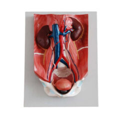 XC-333, Urinary System Model, XC-333 Urinary System Model, 3B Scientific Urinary System Model, Xinch XC-333 Urinary System Model, Urinary System Model Germany, elitetradebd, Human model price in Bangladesh, Human model seller in Bangladesh, Xinch Model seller in Bangladesh, China model seller in Bangladesh, XC-BLS, XC-BLS Basic life support, BLS manikin (CPR & AED simulator) AED monitor, XC-101, XC-101 Life size skeleton (180 cm) with stand, XC-101 A, XC-101 A Skeleton (180 cm) Muscles & Ligaments, XC-101 E, XC-101 E Skeleton (180 cm) Flexible, XC-101 F, XC-101 F Flexible Skeleton with Ligaments, XC-102, XC-102 Skeleton (85 cm), XC-102 A, XC-102 A Skeleton (85 cm) with Spinal Nerves, XC-102 B, XC-102 B Skeleton (85 cm) with Spinal Nerves & Blood Vessel, XC-102 C, XC-102 C Skeleton (85 cm) with Painted Muscles, XC-102 CN, XC-102 CN Skeleton (85 cm) with Painted Muscles, XC-103, XC-103 Mini Skeleton, XC-104, XC-104 Life size Skull, XC-104 B, XC-104 B Life size Skull Painted, XC-104 C, XC-104 C Life size Skull colored bones, XC-104 D, XC-104 D Deluxe Life size Skull (Style D), XC-104 E, XC-104 E Skull with 8 parts Brain, XC-105, XC-105 Life size Vertebrae Column with Pelvis, XC-105 A, XC-105 A Vertebrae Column with Pelvis & Painted Muscles, XC-105 AN, XC-105 AN Vertebrae Column with Pelvis & Numbered Painted Muscles, XC-105 C, XC-105 C Didactic Flexible Vertebrae Column with Pelvis, XC-106, XC-106 Miniature Plastic Skull, XC-107, XC-107 Life size Vertebral column, XC-107 A, XC-107 A Vertebral column with painted muscles, XC-107 C, XC-107 C Didactic Vertebral column, XC-107 D, XC-107 D Vertebral column disarticulate model, XC-109, XC-109 Life size shoulder joint, XC-109 A, XC-109 A Life size muscled Shoulder joint, XC-110, XC-110 Life size Hip Joint, XC-111, XC-111 Life size Knee Joint, XC-112, XC-112 Life size Elbow Joint, XC-113, XC-113 Life size foot Joint, XC-113 A, XC-113 A Life size foot Joint with Ligaments, XC-114 Life size hand Joint, XC-114 A, XC-114 A Life size hand Joint with Ligaments, XC-115, XC-115 Life size pelvis with 5 pcs Lumber Vertebrae, XC-115 A, XC-115 A Half size pelvis with 5 pcs Lumber Vertebrae, XC-116, XC-116 Lumber set 2 Pcs, XC-117, XC-117 Lumber set 3 Pcs, XC-118, XC-118 Lumber set 4 Pcs, XC-119, XC-119 Life size lumber Vertebrae with sacrum & Coccyx & Herniated, XC-119 A, XC-119 A Mini Lumber Vertebrae with Sacrum & Coccyx & Herniated Disc, XC-120, XC-120 Thoracic Spinal Column, XC-121, XC-121 Life size Upper Extremity, XC-122, XC-122 Life size lower Extremity, XC-123, XC-123 Adult male Pelvis, XC-124, XC-124 Adult Female Pelvis, XC-125, XC-125 Female Pelvic Muscles & Organs, XC-126, XC-126 Life size vertebral clumn with pelvis & Femur head, XC-126A, XC-126A vertebral clumn with pelvis & Femur heads & Painted Muscies, XC-126AN, XC-126AN vertebral clumn with pelvis & Femur heads and numbered Painted Muscies, XC-126 C, XC-126 C Didactic vertebral clumn with pelvis & Femur head, XC-126 D, XC-126 D Flexible vertebral with removable Pelvis & Femur, XC-127, XC-127 Birth Demonstration, XC-128, XC-128 Life size pelvis with 2 Pcs Lumber Vertebrae, XC-130, XC-130 Disarticulated Skeleton with Skull, XC-133, XC-133 Cervical Vertebral Clumn with Nack Artery, XC-134, XC-134 Cutaway Osteoporosis, XC-135, XC-135 Skull with CervicalmSpine, XC-135 E, XC-135 E Skull with Brain and Cervical Spain 8 Parts, XC-201, XC-201 Male Torso (85 cm) 19 Parts, XC-202 A, XC-202 A Male Torso (42 cm) 13 Parts, XC-203, XC-203 Torso (26 cm) 15 Parts, XC-204, XC-204 Unisex Torso (85 cm) 23 Parts, XC-205, XC-205 Unisex Torso (45 cm) 23 Parts, XC-206, XC-206 Sexless Torso (85 cm) 20 Parts, XC-207, XC-207 Sexless Torso (42 cm) 18 Parts, XC-208, XC-208 Unisex Torso (85 cm) 40 Parts, XC-209, XC-209 Unisex Torso (85 cm) 20 Parts, XC-210, XC-210 Unisex Torso (85 cm) 30 Parts, XC-301, XC-301 Magnified Human Lartnx, XC-302, XC-302 Magnified Pulmonary Alveoli, XC-303 A, XC-303 A Giant Ear, XC-303 B, XC-303 B Middle Ear, XC-303 C, XC-303 C New Style Giant Ear, XC-303 D, XC-303 D Desktop Ear, XC-304, XC-304 Brain, XC-304 A, XC-304 A New Style Brain, XC-304 B, XC-304 B Brain, XC-305, XC-305 Expansion of Human Teeth, XC-306, XC-306 Stomach, XC-307, XC-307 Jumbo Heart, XC-307 A, XC-307 A Life size Heart, XC-307 B, XC-307 B New style life size heart, XC-307C, XC-307C New style Jumbo Heart, XC-307 D, XC-307 D Middle Heart, XC-308, XC-308 Brain with Arteries, XC-308 A, XC-308 A Brain with Arterial, XC-308 D, XC-308 D Brain with Arterial 9 Parts, XC-309, XC-309 Anatomy Nasal Cavity, XC-310-1, XC-310-1 Kidney, XC-310-2, XC-310-2 Kidney 2 Parts, XC-310-3, XC-310-3 Kidney with Adrenal Gland, XC-310-4, XC-310-4 Enlarged Kidney, XC-311, XC-311 Liver, Pancreas & Duodenum, XC-312, XC-312 Liver, XC-313, XC-313 Enlarge Skin, XC-313-2, XC-313-2 Skin Block, XC-313-3, XC-313-3 Skin Section, XC-315, XC-315 Digestive System, XC-316, XC-316 Giant Eye, XC-316 A, XC-316 A Giant Eye A, XC-316 B, XC-316 B Eye with Orbit, XC-317, XC-317 Expansion of Urinary Bladder, XC-318, XC-318 Brain with Arteries on Head, XC-318 B, XC-318 B Head with Brain, XC-319, XC-319 Median section of the Head, XC-319 A, XC-319 A Frontal Section & Median Section of the Head, XC-319 B, XC-319 B Frontal section of Head, XC-320, XC-320 Larynx, Heart & Lung, XC-321, XC-321 Lung, XC-321 B, XC-321 B Lung, XC-322, XC-322 Circulatory system, XC-324, XC-324 The Head, XC-325, XC-325 Plam Anatomy, XC-326, XC-326 Normal Flat & Arched Foot, XC-330, XC-330 Transparent Lung Segment, XC-331, XC-331 Male Urogenital system, XC-331 A, XC-331 A Human male Pelvis section Part 1, XC-331 B, XC-331 B Human male Pelvis section Part 2, XC-331 C, XC-331 C Advanced Male internal & external Gental Organs, XC-331 D, XC-331 D Male Gental Organ, XC-332, XC-332 Female Urogenital System, XC-332 A, XC-332 A Female Pelvis section 1 Part, XC-332 B, XC-332 B Female Pelvis section 4 Parts, XC-332 B-1, XC-332 B-1Female Pelvis section 2 Part2, XC-332 C, XC-332 C Advanced Female internal & external Gental Organ, XC-332 D, XC-332 D Female Pelvis, XC-333, XC-333 Urinary system, XC-334, XC-334 Human (80 cm) Muscles Male (27 Parts), XC-335, XC-335 Human Muscles 50 cm 1 Part, XC-336, XC-336 Muscles of human Arm 7 parts, XC-337, XC-337 Muscles of Lower Limb 13 Parts, XC-338, XC-338 Life size human Muscle foot (7 parts), XC-401, XC 401Multifunctional patient care Manikin, XC-401 A, XC-401 A High quality Nurse Trainning Doll (Male), XC-401 A-1, XC-401 A-1 New style High quality Nurse Trainning Doll (Male), XC-401 A-2, XC-401 A-2 Advanced Nurse Trainning Doll (with BP Trainning Arm Male), XC-401 B, XC-401 B High quality Nurse Trainning Doll (Female), XC-401 B-1, XC-401 B-1 New style High quality Nurse Trainning Doll (Female), XC-401 B-2, XC-401 B-2 Advanced Nurse trainning doll (with BP Trainning Arm Female), XC-401 C, XC-401 C Advanced Multifunctional Nursing Trainning Doll, XC-401 D, XC-401 D Advanced Trauma Simulator, XC-401 D-1, XC-401 D-1 Advance Trauma Accessories, XC-401 M, XC-401 M Multifunctional patient care Manikin (Male), XC-402, XC-402 Course of delivery, XC-402 A, XC-402 A Advanced Course of delivery, XC-402 A-1, XC-402 A-1 Delivery Machine, XC-403, XC-403 Dental Care (28 teeth), XC-403 A, XC-403 A Dental Care (32 teeth), XC-403 B, XC-403 B Small Dental Care (28 teeth), XC-403 C, XC-403 C Small Dental Care (32 teeth), XC-403 D, XC-403 D Dental Care with Cheek, XC-404, XC-404 Basic CPR Trainning (half Body), XC-404 A, XC-404 A Half body CPR Trainninf (male), XC-404 B, XC-404 B Half body CPR Trainninf (Female), XC-405, XC-405 Nurse Basic Practice Teaching 5 parts, XC-405 A, XC-405 A Simple male Urethral catheterization simulator, XC-405 B, XC-405 B Simple Female Urethral catheterization simulator, XC-405-2, XC-405-2 Transparent gastric lavage model, XC-406-1, XC-406-1 Whole body basic CPR Manikin style 100 (Male/Female), XC-406-2, XC-406-2 Whole body basic CPR Manikin style 200 (Male/Female), XC-406-5, XC-406-5 Whole body basic CPR Manikin style 500 (Male/Female), XC-406-5 Plus, XC-406-5 Plus New style CPR Trainning Manikin, XC-406A 5 Plus, XC-406A 5 Plus Whole advanced CPR Manikin style 500 (Female), XC-407, XC-407 Human Trachea Intubation, XC-407 A, XC-407 A Advanced Human Trachea Intubation, XC-408, XC-408 Electronic Urinary, XC-408 C, XC-408 C Advanced male Urethral Catheterization simulator, XC-408 D, XC-408 D Advanced female Urethral Catheterization simulator, XC-408 E, XC-408 E Transparant male Urethral Catheterization simulator, XC-408 F, XC-408 F Transparent female Urethral Catheterization simulator, XC-409, XC-409 New Born baby, XC-409 A, XC-409 A New style New Born baby, XC-409A-1, XC-409A-1 New style New Born baby model (Girl), XC-409 B, XC-409 B Advanced New Born care, XC-409 C, XC-409 C Advanced neonate Umbilical cord, XC-409 C-1, XC-409 C-1 Umbilical Cord, XC-409 D, XC-409 D Tracheostomy care infant, XC-409 E, XC-409 E Neonate scalp venipuncture, XC-410, XC-410 New born Intubation, XC-410 A, XC-410 A Infant Intubation trainning, XC-411, XC-411 Gynecological Trainning simulator, XC-412, XC-412 Advanced maternity, XC-414, XC-414 Development process for ferus, XC-414 A, XC-414 A The development process for ferus (half size), XC-416, XC-416 New born CPR Trainning manikin, XC-417, XC-417 Conception Guidance, XC-417 A, XC-417 A Female Contraception Guidance, XC-417 B, XC-417 B Male Condom Simulator (Transparent Base), XC-418, XC-418 Breast Examination, XC-418 B, XC-418 B Lactation Trainning model, Xincheng Scientific Industries Co., Ltd, Xincheng Scientific Model, Xincheng Scientific Human model, Xincheng Scientific Human body models, Models, Charts, Human body charts, China Models, China Chart, XC-BLS price in bd, XC-BLS Basic life support price in bd, BLS manikin (CPR & AED simulator) AED monitor price in bd, XC-101 price in bd, XC-101 Life size skeleton (180 cm) with stand price in bd, XC-101 A price in bd, XC-101 A Skeleton (180 cm) Muscles & Ligaments price in bd, XC-101 E price in bd, XC-101 E Skeleton (180 cm) Flexible price in bd, XC-101 F price in bd, XC-101 F Flexible Skeleton with Ligaments price in bd, XC-102 price in bd, XC-102 Skeleton (85 cm) price in bd, XC-102 A price in bd, XC-102 A Skeleton (85 cm) with Spinal Nerves price in bd, XC-102 B price in bd, XC-102 B Skeleton (85 cm) with Spinal Nerves & Blood Vessel price in bd, XC-102 C price in bd, XC-102 C Skeleton (85 cm) with Painted Muscles price in bd, XC-102 CN price in bd, XC-102 CN Skeleton (85 cm) with Painted Muscles price in bd, XC-103 price in bd, XC-103 Mini Skeleton price in bd, XC-104 price in bd, XC-104 Life size Skull price in bd, XC-104 B price in bd, XC-104 B Life size Skull Painted price in bd, XC-104 C price in bd, XC-104 C Life size Skull colored bones price in bd, XC-104 D price in bd, XC-104 D Deluxe Life size Skull (Style D) price in bd, XC-104 E price in bd, XC-104 E Skull with 8 parts Brain price in bd, XC-105 price in bd, XC-105 Life size Vertebrae Column with Pelvis price in bd, XC-105 A price in bd, XC-105 A Vertebrae Column with Pelvis & Painted Muscles price in bd, XC-105 AN price in bd, XC-105 AN Vertebrae Column with Pelvis & Numbered Painted Muscles price in bd, XC-105 C price in bd, XC-105 C Didactic Flexible Vertebrae Column with Pelvis price in bd, XC-106 price in bd, XC-106 Miniature Plastic Skull price in bd, XC-107 price in bd, XC-107 Life size Vertebral column price in bd, XC-107 A price in bd, XC-107 A Vertebral column with painted muscles price in bd, XC-107 C price in bd, XC-107 C Didactic Vertebral column price in bd, XC-107 D price in bd, XC-107 D Vertebral column disarticulate model price in bd, XC-109 price in bd, XC-109 Life size shoulder joint price in bd, XC-109 A price in bd, XC-109 A Life size muscled Shoulder joint price in bd, XC-110 price in bd, XC-110 Life size Hip Joint price in bd, XC-111 price in bd, XC-111 Life size Knee Joint price in bd, XC-112 price in bd, XC-112 Life size Elbow Joint price in bd, XC-113 price in bd, XC-113 Life size foot Joint price in bd, XC-113 A price in bd, XC-113 A Life size foot Joint with Ligaments price in bd, XC-114 Life size hand Joint price in bd, XC-114 A price in bd, XC-114 A Life size hand Joint with Ligaments price in bd, XC-115 price in bd, XC-115 Life size pelvis with 5 pcs Lumber Vertebrae price in bd, XC-115 A price in bd, XC-115 A Half size pelvis with 5 pcs Lumber Vertebrae price in bd, XC-116 price in bd, XC-116 Lumber set 2 Pcs price in bd, XC-117 price in bd, XC-117 Lumber set 3 Pcs price in bd, XC-118 price in bd, XC-118 Lumber set 4 Pcs price in bd, XC-119 price in bd, XC-119 Life size lumber Vertebrae with sacrum & Coccyx & Herniated price in bd, XC-119 A price in bd, XC-119 A Mini Lumber Vertebrae with Sacrum & Coccyx & Herniated Disc price in bd, XC-120 price in bd, XC-120 Thoracic Spinal Column price in bd, XC-121 price in bd, XC-121 Life size Upper Extremity price in bd, XC-122 price in bd, XC-122 Life size lower Extremity price in bd, XC-123 price in bd, XC-123 Adult male Pelvis price in bd, XC-124 price in bd, XC-124 Adult Female Pelvis price in bd, XC-125 price in bd, XC-125 Female Pelvic Muscles & Organs price in bd, XC-126 price in bd, XC-126 Life size vertebral clumn with pelvis & Femur head price in bd, XC-126A price in bd, XC-126A vertebral clumn with pelvis & Femur heads & Painted Muscies price in bd, XC-126AN price in bd, XC-126AN vertebral clumn with pelvis & Femur heads and numbered Painted Muscies price in bd, XC-126 C price in bd, XC-126 C Didactic vertebral clumn with pelvis & Femur head price in bd, XC-126 D price in bd, XC-126 D Flexible vertebral with removable Pelvis & Femur price in bd, XC-127 price in bd, XC-127 Birth Demonstration price in bd, XC-128 price in bd, XC-128 Life size pelvis with 2 Pcs Lumber Vertebrae price in bd, XC-130 price in bd, XC-130 Disarticulated Skeleton with Skull price in bd, XC-133 price in bd, XC-133 Cervical Vertebral Clumn with Nack Artery price in bd, XC-134 price in bd, XC-134 Cutaway Osteoporosis price in bd, XC-135 price in bd, XC-135 Skull with CervicalmSpine price in bd, XC-135 E price in bd, XC-135 E Skull with Brain and Cervical Spain 8 Parts price in bd, XC-201 price in bd, XC-201 Male Torso (85 cm) 19 Parts price in bd, XC-202 A price in bd, XC-202 A Male Torso (42 cm) 13 Parts price in bd, XC-203 price in bd, XC-203 Torso (26 cm) 15 Parts price in bd, XC-204 price in bd, XC-204 Unisex Torso (85 cm) 23 Parts price in bd, XC-205 price in bd, XC-205 Unisex Torso (45 cm) 23 Parts price in bd, XC-206 price in bd, XC-206 Sexless Torso (85 cm) 20 Parts price in bd, XC-207 price in bd, XC-207 Sexless Torso (42 cm) 18 Parts price in bd, XC-208 price in bd, XC-208 Unisex Torso (85 cm) 40 Parts price in bd, XC-209 price in bd, XC-209 Unisex Torso (85 cm) 20 Parts price in bd, XC-210 price in bd, XC-210 Unisex Torso (85 cm) 30 Parts price in bd, XC-301 price in bd, XC-301 Magnified Human Lartnx price in bd, XC-302 price in bd, XC-302 Magnified Pulmonary Alveoli price in bd, XC-303 A price in bd, XC-303 A Giant Ear price in bd, XC-303 B price in bd, XC-303 B Middle Ear price in bd, XC-303 C price in bd, XC-303 C New Style Giant Ear price in bd, XC-303 D price in bd, XC-303 D Desktop Ear price in bd, XC-304 price in bd, XC-304 Brain price in bd, XC-304 A price in bd, XC-304 A New Style Brain price in bd, XC-304 B price in bd, XC-304 B Brain price in bd, XC-305 price in bd, XC-305 Expansion of Human Teeth price in bd, XC-306 price in bd, XC-306 Stomach price in bd, XC-307 price in bd, XC-307 Jumbo Heart price in bd, XC-307 A price in bd, XC-307 A Life size Heart price in bd, XC-307 B price in bd, XC-307 B New style life size heart price in bd, XC-307C price in bd, XC-307C New style Jumbo Heart price in bd, XC-307 D price in bd, XC-307 D Middle Heart price in bd, XC-308 price in bd, XC-308 Brain with Arteries price in bd, XC-308 A price in bd, XC-308 A Brain with Arterial price in bd, XC-308 D price in bd, XC-308 D Brain with Arterial 9 Parts price in bd, XC-309 price in bd, XC-309 Anatomy Nasal Cavity price in bd, XC-310-1 price in bd, XC-310-1 Kidney price in bd, XC-310-2 price in bd, XC-310-2 Kidney 2 Parts price in bd, XC-310-3 price in bd, XC-310-3 Kidney with Adrenal Gland price in bd, XC-310-4 price in bd, XC-310-4 Enlarged Kidney price in bd, XC-311 price in bd, XC-311 Liver price in bd, Pancreas & Duodenum price in bd, XC-312 price in bd, XC-312 Liver price in bd, XC-313 price in bd, XC-313 Enlarge Skin price in bd, XC-313-2 price in bd, XC-313-2 Skin Block price in bd, XC-313-3 price in bd, XC-313-3 Skin Section price in bd, XC-315 price in bd, XC-315 Digestive System price in bd, XC-316 price in bd, XC-316 Giant Eye price in bd, XC-316 A price in bd, XC-316 A Giant Eye A price in bd, XC-316 B price in bd, XC-316 B Eye with Orbit price in bd, XC-317 price in bd, XC-317 Expansion of Urinary Bladder price in bd, XC-318 price in bd, XC-318 Brain with Arteries on Head price in bd, XC-318 B price in bd, XC-318 B Head with Brain price in bd, XC-319 price in bd, XC-319 Median section of the Head price in bd, XC-319 A price in bd, XC-319 A Frontal Section & Median Section of the Head price in bd, XC-319 B price in bd, XC-319 B Frontal section of Head price in bd, XC-320 price in bd, XC-320 Larynx price in bd, Heart & Lung price in bd, XC-321 price in bd, XC-321 Lung price in bd, XC-321 B price in bd, XC-321 B Lung price in bd, XC-322 price in bd, XC-322 Circulatory system price in bd, XC-324 price in bd, XC-324 The Head price in bd, XC-325 price in bd, XC-325 Plam Anatomy price in bd, XC-326 price in bd, XC-326 Normal Flat & Arched Foot price in bd, XC-330 price in bd, XC-330 Transparent Lung Segment price in bd, XC-331 price in bd, XC-331 Male Urogenital system price in bd, XC-331 A price in bd, XC-331 A Human male Pelvis section Part 1 price in bd, XC-331 B price in bd, XC-331 B Human male Pelvis section Part 2 price in bd, XC-331 C price in bd, XC-331 C Advanced Male internal & external Gental Organs price in bd, XC-331 D price in bd, XC-331 D Male Gental Organ price in bd, XC-332 price in bd, XC-332 Female Urogenital System price in bd, XC-332 A price in bd, XC-332 A Female Pelvis section 1 Part price in bd, XC-332 B price in bd, XC-332 B Female Pelvis section 4 Parts price in bd, XC-332 B-1 price in bd, XC-332 B-1Female Pelvis section 2 Part2 price in bd, XC-332 C price in bd, XC-332 C Advanced Female internal & external Gental Organ price in bd, XC-332 D price in bd, XC-332 D Female Pelvis price in bd, XC-333 price in bd, XC-333 Urinary system price in bd, XC-334 price in bd, XC-334 Human (80 cm) Muscles Male (27 Parts) price in bd, XC-335 price in bd, XC-335 Human Muscles 50 cm 1 Part price in bd, XC-336 price in bd, XC-336 Muscles of human Arm 7 parts price in bd, XC-337 price in bd, XC-337 Muscles of Lower Limb 13 Parts price in bd, XC-338 price in bd, XC-338 Life size human Muscle foot (7 parts) price in bd, XC-401 price in bd, XC 401Multifunctional patient care Manikin price in bd, XC-401 A price in bd, XC-401 A High quality Nurse Trainning Doll (Male) price in bd, XC-401 A-1 price in bd, XC-401 A-1 New style High quality Nurse Trainning Doll (Male) price in bd, XC-401 A-2 price in bd, XC-401 A-2 Advanced Nurse Trainning Doll (with BP Trainning Arm Male) price in bd, XC-401 B price in bd, XC-401 B High quality Nurse Trainning Doll (Female) price in bd, XC-401 B-1 price in bd, XC-401 B-1 New style High quality Nurse Trainning Doll (Female) price in bd, XC-401 B-2 price in bd, XC-401 B-2 Advanced Nurse trainning doll (with BP Trainning Arm Female) price in bd, XC-401 C price in bd, XC-401 C Advanced Multifunctional Nursing Trainning Doll price in bd, XC-401 D price in bd, XC-401 D Advanced Trauma Simulator price in bd, XC-401 D-1 price in bd, XC-401 D-1 Advance Trauma Accessories price in bd, XC-401 M price in bd, XC-401 M Multifunctional patient care Manikin (Male) price in bd, XC-402 price in bd, XC-402 Course of delivery price in bd, XC-402 A price in bd, XC-402 A Advanced Course of delivery price in bd, XC-402 A-1 price in bd, XC-402 A-1 Delivery Machine price in bd, XC-403 price in bd, XC-403 Dental Care (28 teeth) price in bd, XC-403 A price in bd, XC-403 A Dental Care (32 teeth) price in bd, XC-403 B price in bd, XC-403 B Small Dental Care (28 teeth) price in bd, XC-403 C price in bd, XC-403 C Small Dental Care (32 teeth) price in bd, XC-403 D price in bd, XC-403 D Dental Care with Cheek price in bd, XC-404 price in bd, XC-404 Basic CPR Trainning (half Body) price in bd, XC-404 A price in bd, XC-404 A Half body CPR Trainninf (male) price in bd, XC-404 B price in bd, XC-404 B Half body CPR Trainninf (Female) price in bd, XC-405 price in bd, XC-405 Nurse Basic Practice Teaching 5 parts price in bd, XC-405 A price in bd, XC-405 A Simple male Urethral catheterization simulator price in bd, XC-405 B price in bd, XC-405 B Simple Female Urethral catheterization simulator price in bd, XC-405-2 price in bd, XC-405-2 Transparent gastric lavage model price in bd, XC-406-1 price in bd, XC-406-1 Whole body basic CPR Manikin style 100 (Male/Female) price in bd, XC-406-2 price in bd, XC-406-2 Whole body basic CPR Manikin style 200 (Male/Female) price in bd, XC-406-5 price in bd, XC-406-5 Whole body basic CPR Manikin style 500 (Male/Female) price in bd, XC-406-5 Plus price in bd, XC-406-5 Plus New style CPR Trainning Manikin price in bd, XC-406A 5 Plus price in bd, XC-406A 5 Plus Whole advanced CPR Manikin style 500 (Female) price in bd, XC-407 price in bd, XC-407 Human Trachea Intubation price in bd, XC-407 A price in bd, XC-407 A Advanced Human Trachea Intubation price in bd, XC-408 price in bd, XC-408 Electronic Urinary price in bd, XC-408 C price in bd, XC-408 C Advanced male Urethral Catheterization simulator price in bd, XC-408 D price in bd, XC-408 D Advanced female Urethral Catheterization simulator price in bd, XC-408 E price in bd, XC-408 E Transparant male Urethral Catheterization simulator price in bd, XC-408 F price in bd, XC-408 F Transparent female Urethral Catheterization simulator price in bd, XC-409 price in bd, XC-409 New Born baby price in bd, XC-409 A price in bd, XC-409 A New style New Born baby price in bd, XC-409A-1 price in bd, XC-409A-1 New style New Born baby model (Girl) price in bd, XC-409 B price in bd, XC-409 B Advanced New Born care price in bd, XC-409 C price in bd, XC-409 C Advanced neonate Umbilical cord price in bd, XC-409 C-1 price in bd, XC-409 C-1 Umbilical Cord price in bd, XC-409 D price in bd, XC-409 D Tracheostomy care infant price in bd, XC-409 E price in bd, XC-409 E Neonate scalp venipuncture price in bd, XC-410 price in bd, XC-410 New born Intubation price in bd, XC-410 A price in bd, XC-410 A Infant Intubation trainning price in bd, XC-411 price in bd, XC-411 Gynecological Trainning simulator price in bd, XC-412 price in bd, XC-412 Advanced maternity price in bd, XC-414 price in bd, XC-414 Development process for ferus price in bd, XC-414 A price in bd, XC-414 A The development process for ferus (half size) price in bd, XC-416 price in bd, XC-416 New born CPR Trainning manikin price in bd, XC-417 price in bd, XC-417 Conception Guidance price in bd, XC-417 A price in bd, XC-417 A Female Contraception Guidance price in bd, XC-417 B price in bd, XC-417 B Male Condom Simulator (Transparent Base) price in bd, XC-418 price in bd, XC-418 Breast Examination price in bd, XC-418 B price in bd, XC-418 B Lactation Trainning model price in bd, XC-BLS saler in bd, XC-BLS Basic life support saler in bd, BLS manikin (CPR & AED simulator) AED monitor saler in bd, XC-101 saler in bd, XC-101 Life size skeleton (180 cm) with stand saler in bd, XC-101 A saler in bd, XC-101 A Skeleton (180 cm) Muscles & Ligaments saler in bd, XC-101 E saler in bd, XC-101 E Skeleton (180 cm) Flexible saler in bd, XC-101 F saler in bd, XC-101 F Flexible Skeleton with Ligaments saler in bd, XC-102 saler in bd, XC-102 Skeleton (85 cm) saler in bd, XC-102 A saler in bd, XC-102 A Skeleton (85 cm) with Spinal Nerves saler in bd, XC-102 B saler in bd, XC-102 B Skeleton (85 cm) with Spinal Nerves & Blood Vessel saler in bd, XC-102 C saler in bd, XC-102 C Skeleton (85 cm) with Painted Muscles saler in bd, XC-102 CN saler in bd, XC-102 CN Skeleton (85 cm) with Painted Muscles saler in bd, XC-103 saler in bd, XC-103 Mini Skeleton saler in bd, XC-104 saler in bd, XC-104 Life size Skull saler in bd, XC-104 B saler in bd, XC-104 B Life size Skull Painted saler in bd, XC-104 C saler in bd, XC-104 C Life size Skull colored bones saler in bd, XC-104 D saler in bd, XC-104 D Deluxe Life size Skull (Style D) saler in bd, XC-104 E saler in bd, XC-104 E Skull with 8 parts Brain saler in bd, XC-105 saler in bd, XC-105 Life size Vertebrae Column with Pelvis saler in bd, XC-105 A saler in bd, XC-105 A Vertebrae Column with Pelvis & Painted Muscles saler in bd, XC-105 AN saler in bd, XC-105 AN Vertebrae Column with Pelvis & Numbered Painted Muscles saler in bd, XC-105 C saler in bd, XC-105 C Didactic Flexible Vertebrae Column with Pelvis saler in bd, XC-106 saler in bd, XC-106 Miniature Plastic Skull saler in bd, XC-107 saler in bd, XC-107 Life size Vertebral column saler in bd, XC-107 A saler in bd, XC-107 A Vertebral column with painted muscles saler in bd, XC-107 C saler in bd, XC-107 C Didactic Vertebral column saler in bd, XC-107 D saler in bd, XC-107 D Vertebral column disarticulate model saler in bd, XC-109 saler in bd, XC-109 Life size shoulder joint saler in bd, XC-109 A saler in bd, XC-109 A Life size muscled Shoulder joint saler in bd, XC-110 saler in bd, XC-110 Life size Hip Joint saler in bd, XC-111 saler in bd, XC-111 Life size Knee Joint saler in bd, XC-112 saler in bd, XC-112 Life size Elbow Joint saler in bd, XC-113 saler in bd, XC-113 Life size foot Joint saler in bd, XC-113 A saler in bd, XC-113 A Life size foot Joint with Ligaments saler in bd, XC-114 Life size hand Joint saler in bd, XC-114 A saler in bd, XC-114 A Life size hand Joint with Ligaments saler in bd, XC-115 saler in bd, XC-115 Life size pelvis with 5 pcs Lumber Vertebrae saler in bd, XC-115 A saler in bd, XC-115 A Half size pelvis with 5 pcs Lumber Vertebrae saler in bd, XC-116 saler in bd, XC-116 Lumber set 2 Pcs saler in bd, XC-117 saler in bd, XC-117 Lumber set 3 Pcs saler in bd, XC-118 saler in bd, XC-118 Lumber set 4 Pcs saler in bd, XC-119 saler in bd, XC-119 Life size lumber Vertebrae with sacrum & Coccyx & Herniated saler in bd, XC-119 A saler in bd, XC-119 A Mini Lumber Vertebrae with Sacrum & Coccyx & Herniated Disc saler in bd, XC-120 saler in bd, XC-120 Thoracic Spinal Column saler in bd, XC-121 saler in bd, XC-121 Life size Upper Extremity saler in bd, XC-122 saler in bd, XC-122 Life size lower Extremity saler in bd, XC-123 saler in bd, XC-123 Adult male Pelvis saler in bd, XC-124 saler in bd, XC-124 Adult Female Pelvis saler in bd, XC-125 saler in bd, XC-125 Female Pelvic Muscles & Organs saler in bd, XC-126 saler in bd, XC-126 Life size vertebral clumn with pelvis & Femur head saler in bd, XC-126A saler in bd, XC-126A vertebral clumn with pelvis & Femur heads & Painted Muscies saler in bd, XC-126AN saler in bd, XC-126AN vertebral clumn with pelvis & Femur heads and numbered Painted Muscies saler in bd, XC-126 C saler in bd, XC-126 C Didactic vertebral clumn with pelvis & Femur head saler in bd, XC-126 D saler in bd, XC-126 D Flexible vertebral with removable Pelvis & Femur saler in bd, XC-127 saler in bd, XC-127 Birth Demonstration saler in bd, XC-128 saler in bd, XC-128 Life size pelvis with 2 Pcs Lumber Vertebrae saler in bd, XC-130 saler in bd, XC-130 Disarticulated Skeleton with Skull saler in bd, XC-133 saler in bd, XC-133 Cervical Vertebral Clumn with Nack Artery saler in bd, XC-134 saler in bd, XC-134 Cutaway Osteoporosis saler in bd, XC-135 saler in bd, XC-135 Skull with CervicalmSpine saler in bd, XC-135 E saler in bd, XC-135 E Skull with Brain and Cervical Spain 8 Parts saler in bd, XC-201 saler in bd, XC-201 Male Torso (85 cm) 19 Parts saler in bd, XC-202 A saler in bd, XC-202 A Male Torso (42 cm) 13 Parts saler in bd, XC-203 saler in bd, XC-203 Torso (26 cm) 15 Parts saler in bd, XC-204 saler in bd, XC-204 Unisex Torso (85 cm) 23 Parts saler in bd, XC-205 saler in bd, XC-205 Unisex Torso (45 cm) 23 Parts saler in bd, XC-206 saler in bd, XC-206 Sexless Torso (85 cm) 20 Parts saler in bd, XC-207 saler in bd, XC-207 Sexless Torso (42 cm) 18 Parts saler in bd, XC-208 saler in bd, XC-208 Unisex Torso (85 cm) 40 Parts saler in bd, XC-209 saler in bd, XC-209 Unisex Torso (85 cm) 20 Parts saler in bd, XC-210 saler in bd, XC-210 Unisex Torso (85 cm) 30 Parts saler in bd, XC-301 saler in bd, XC-301 Magnified Human Lartnx saler in bd, XC-302 saler in bd, XC-302 Magnified Pulmonary Alveoli saler in bd, XC-303 A saler in bd, XC-303 A Giant Ear saler in bd, XC-303 B saler in bd, XC-303 B Middle Ear saler in bd, XC-303 C saler in bd, XC-303 C New Style Giant Ear saler in bd, XC-303 D saler in bd, XC-303 D Desktop Ear saler in bd, XC-304 saler in bd, XC-304 Brain saler in bd, XC-304 A saler in bd, XC-304 A New Style Brain saler in bd, XC-304 B saler in bd, XC-304 B Brain saler in bd, XC-305 saler in bd, XC-305 Expansion of Human Teeth saler in bd, XC-306 saler in bd, XC-306 Stomach saler in bd, XC-307 saler in bd, XC-307 Jumbo Heart saler in bd, XC-307 A saler in bd, XC-307 A Life size Heart saler in bd, XC-307 B saler in bd, XC-307 B New style life size heart saler in bd, XC-307C saler in bd, XC-307C New style Jumbo Heart saler in bd, XC-307 D saler in bd, XC-307 D Middle Heart saler in bd, XC-308 saler in bd, XC-308 Brain with Arteries saler in bd, XC-308 A saler in bd, XC-308 A Brain with Arterial saler in bd, XC-308 D saler in bd, XC-308 D Brain with Arterial 9 Parts saler in bd, XC-309 saler in bd, XC-309 Anatomy Nasal Cavity saler in bd, XC-310-1 saler in bd, XC-310-1 Kidney saler in bd, XC-310-2 saler in bd, XC-310-2 Kidney 2 Parts saler in bd, XC-310-3 saler in bd, XC-310-3 Kidney with Adrenal Gland saler in bd, XC-310-4 saler in bd, XC-310-4 Enlarged Kidney saler in bd, XC-311 saler in bd, XC-311 Liver saler in bd, Pancreas & Duodenum saler in bd, XC-312 saler in bd, XC-312 Liver saler in bd, XC-313 saler in bd, XC-313 Enlarge Skin saler in bd, XC-313-2 saler in bd, XC-313-2 Skin Block saler in bd, XC-313-3 saler in bd, XC-313-3 Skin Section saler in bd, XC-315 saler in bd, XC-315 Digestive System saler in bd, XC-316 saler in bd, XC-316 Giant Eye saler in bd, XC-316 A saler in bd, XC-316 A Giant Eye A saler in bd, XC-316 B saler in bd, XC-316 B Eye with Orbit saler in bd, XC-317 saler in bd, XC-317 Expansion of Urinary Bladder saler in bd, XC-318 saler in bd, XC-318 Brain with Arteries on Head saler in bd, XC-318 B saler in bd, XC-318 B Head with Brain saler in bd, XC-319 saler in bd, XC-319 Median section of the Head saler in bd, XC-319 A saler in bd, XC-319 A Frontal Section & Median Section of the Head saler in bd, XC-319 B saler in bd, XC-319 B Frontal section of Head saler in bd, XC-320 saler in bd, XC-320 Larynx saler in bd, Heart & Lung saler in bd, XC-321 saler in bd, XC-321 Lung saler in bd, XC-321 B saler in bd, XC-321 B Lung saler in bd, XC-322 saler in bd, XC-322 Circulatory system saler in bd, XC-324 saler in bd, XC-324 The Head saler in bd, XC-325 saler in bd, XC-325 Plam Anatomy saler in bd, XC-326 saler in bd, XC-326 Normal Flat & Arched Foot saler in bd, XC-330 saler in bd, XC-330 Transparent Lung Segment saler in bd, XC-331 saler in bd, XC-331 Male Urogenital system saler in bd, XC-331 A saler in bd, XC-331 A Human male Pelvis section Part 1 saler in bd, XC-331 B saler in bd, XC-331 B Human male Pelvis section Part 2 saler in bd, XC-331 C saler in bd, XC-331 C Advanced Male internal & external Gental Organs saler in bd, XC-331 D saler in bd, XC-331 D Male Gental Organ saler in bd, XC-332 saler in bd, XC-332 Female Urogenital System saler in bd, XC-332 A saler in bd, XC-332 A Female Pelvis section 1 Part saler in bd, XC-332 B saler in bd, XC-332 B Female Pelvis section 4 Parts saler in bd, XC-332 B-1 saler in bd, XC-332 B-1Female Pelvis section 2 Part2 saler in bd, XC-332 C saler in bd, XC-332 C Advanced Female internal & external Gental Organ saler in bd, XC-332 D saler in bd, XC-332 D Female Pelvis saler in bd, XC-333 saler in bd, XC-333 Urinary system saler in bd, XC-334 saler in bd, XC-334 Human (80 cm) Muscles Male (27 Parts) saler in bd, XC-335 saler in bd, XC-335 Human Muscles 50 cm 1 Part saler in bd, XC-336 saler in bd, XC-336 Muscles of human Arm 7 parts saler in bd, XC-337 saler in bd, XC-337 Muscles of Lower Limb 13 Parts saler in bd, XC-338 saler in bd, XC-338 Life size human Muscle foot (7 parts) saler in bd, XC-401 saler in bd, XC 401Multifunctional patient care Manikin saler in bd, XC-401 A saler in bd, XC-401 A High quality Nurse Trainning Doll (Male) saler in bd, XC-401 A-1 saler in bd, XC-401 A-1 New style High quality Nurse Trainning Doll (Male) saler in bd, XC-401 A-2 saler in bd, XC-401 A-2 Advanced Nurse Trainning Doll (with BP Trainning Arm Male) saler in bd, XC-401 B saler in bd, XC-401 B High quality Nurse Trainning Doll (Female) saler in bd, XC-401 B-1 saler in bd, XC-401 B-1 New style High quality Nurse Trainning Doll (Female) saler in bd, XC-401 B-2 saler in bd, XC-401 B-2 Advanced Nurse trainning doll (with BP Trainning Arm Female) saler in bd, XC-401 C saler in bd, XC-401 C Advanced Multifunctional Nursing Trainning Doll saler in bd, XC-401 D saler in bd, XC-401 D Advanced Trauma Simulator saler in bd, XC-401 D-1 saler in bd, XC-401 D-1 Advance Trauma Accessories saler in bd, XC-401 M saler in bd, XC-401 M Multifunctional patient care Manikin (Male) saler in bd, XC-402 saler in bd, XC-402 Course of delivery saler in bd, XC-402 A saler in bd, XC-402 A Advanced Course of delivery saler in bd, XC-402 A-1 saler in bd, XC-402 A-1 Delivery Machine saler in bd, XC-403 saler in bd, XC-403 Dental Care (28 teeth) saler in bd, XC-403 A saler in bd, XC-403 A Dental Care (32 teeth) saler in bd, XC-403 B saler in bd, XC-403 B Small Dental Care (28 teeth) saler in bd, XC-403 C saler in bd, XC-403 C Small Dental Care (32 teeth) saler in bd, XC-403 D saler in bd, XC-403 D Dental Care with Cheek saler in bd, XC-404 saler in bd, XC-404 Basic CPR Trainning (half Body) saler in bd, XC-404 A saler in bd, XC-404 A Half body CPR Trainninf (male) saler in bd, XC-404 B saler in bd, XC-404 B Half body CPR Trainninf (Female) saler in bd, XC-405 saler in bd, XC-405 Nurse Basic Practice Teaching 5 parts saler in bd, XC-405 A saler in bd, XC-405 A Simple male Urethral catheterization simulator saler in bd, XC-405 B saler in bd, XC-405 B Simple Female Urethral catheterization simulator saler in bd, XC-405-2 saler in bd, XC-405-2 Transparent gastric lavage model saler in bd, XC-406-1 saler in bd, XC-406-1 Whole body basic CPR Manikin style 100 (Male/Female) saler in bd, XC-406-2 saler in bd, XC-406-2 Whole body basic CPR Manikin style 200 (Male/Female) saler in bd, XC-406-5 saler in bd, XC-406-5 Whole body basic CPR Manikin style 500 (Male/Female) saler in bd, XC-406-5 Plus saler in bd, XC-406-5 Plus New style CPR Trainning Manikin saler in bd, XC-406A 5 Plus saler in bd, XC-406A 5 Plus Whole advanced CPR Manikin style 500 (Female) saler in bd, XC-407 saler in bd, XC-407 Human Trachea Intubation saler in bd, XC-407 A saler in bd, XC-407 A Advanced Human Trachea Intubation saler in bd, XC-408 saler in bd, XC-408 Electronic Urinary saler in bd, XC-408 C saler in bd, XC-408 C Advanced male Urethral Catheterization simulator saler in bd, XC-408 D saler in bd, XC-408 D Advanced female Urethral Catheterization simulator saler in bd, XC-408 E saler in bd, XC-408 E Transparant male Urethral Catheterization simulator saler in bd, XC-408 F saler in bd, XC-408 F Transparent female Urethral Catheterization simulator saler in bd, XC-409 saler in bd, XC-409 New Born baby saler in bd, XC-409 A saler in bd, XC-409 A New style New Born baby saler in bd, XC-409A-1 saler in bd, XC-409A-1 New style New Born baby model (Girl) saler in bd, XC-409 B saler in bd, XC-409 B Advanced New Born care saler in bd, XC-409 C saler in bd, XC-409 C Advanced neonate Umbilical cord saler in bd, XC-409 C-1 saler in bd, XC-409 C-1 Umbilical Cord saler in bd, XC-409 D saler in bd, XC-409 D Tracheostomy care infant saler in bd, XC-409 E saler in bd, XC-409 E Neonate scalp venipuncture saler in bd, XC-410 saler in bd, XC-410 New born Intubation saler in bd, XC-410 A saler in bd, XC-410 A Infant Intubation trainning saler in bd, XC-411 saler in bd, XC-411 Gynecological Trainning simulator saler in bd, XC-412 saler in bd, XC-412 Advanced maternity saler in bd, XC-414 saler in bd, XC-414 Development process for ferus saler in bd, XC-414 A saler in bd, XC-414 A The development process for ferus (half size) saler in bd, XC-416 saler in bd, XC-416 New born CPR Trainning manikin saler in bd, XC-417 saler in bd, XC-417 Conception Guidance saler in bd, XC-417 A saler in bd, XC-417 A Female Contraception Guidance saler in bd, XC-417 B saler in bd, XC-417 B Male Condom Simulator (Transparent Base) saler in bd, XC-418 saler in bd, XC-418 Breast Examination saler in bd, XC-418 B saler in bd, XC-418 B Lactation Trainning model saler in bd, XC-BLS seller in bd, XC-BLS Basic life support seller in bd, BLS manikin (CPR & AED simulator) AED monitor seller in bd, XC-101 seller in bd, XC-101 Life size skeleton (180 cm) with stand seller in bd, XC-101 A seller in bd, XC-101 A Skeleton (180 cm) Muscles & Ligaments seller in bd, XC-101 E seller in bd, XC-101 E Skeleton (180 cm) Flexible seller in bd, XC-101 F seller in bd, XC-101 F Flexible Skeleton with Ligaments seller in bd, XC-102 seller in bd, XC-102 Skeleton (85 cm) seller in bd, XC-102 A seller in bd, XC-102 A Skeleton (85 cm) with Spinal Nerves seller in bd, XC-102 B seller in bd, XC-102 B Skeleton (85 cm) with Spinal Nerves & Blood Vessel seller in bd, XC-102 C seller in bd, XC-102 C Skeleton (85 cm) with Painted Muscles seller in bd, XC-102 CN seller in bd, XC-102 CN Skeleton (85 cm) with Painted Muscles seller in bd, XC-103 seller in bd, XC-103 Mini Skeleton seller in bd, XC-104 seller in bd, XC-104 Life size Skull seller in bd, XC-104 B seller in bd, XC-104 B Life size Skull Painted seller in bd, XC-104 C seller in bd, XC-104 C Life size Skull colored bones seller in bd, XC-104 D seller in bd, XC-104 D Deluxe Life size Skull (Style D) seller in bd, XC-104 E seller in bd, XC-104 E Skull with 8 parts Brain seller in bd, XC-105 seller in bd, XC-105 Life size Vertebrae Column with Pelvis seller in bd, XC-105 A seller in bd, XC-105 A Vertebrae Column with Pelvis & Painted Muscles seller in bd, XC-105 AN seller in bd, XC-105 AN Vertebrae Column with Pelvis & Numbered Painted Muscles seller in bd, XC-105 C seller in bd, XC-105 C Didactic Flexible Vertebrae Column with Pelvis seller in bd, XC-106 seller in bd, XC-106 Miniature Plastic Skull seller in bd, XC-107 seller in bd, XC-107 Life size Vertebral column seller in bd, XC-107 A seller in bd, XC-107 A Vertebral column with painted muscles seller in bd, XC-107 C seller in bd, XC-107 C Didactic Vertebral column seller in bd, XC-107 D seller in bd, XC-107 D Vertebral column disarticulate model seller in bd, XC-109 seller in bd, XC-109 Life size shoulder joint seller in bd, XC-109 A seller in bd, XC-109 A Life size muscled Shoulder joint seller in bd, XC-110 seller in bd, XC-110 Life size Hip Joint seller in bd, XC-111 seller in bd, XC-111 Life size Knee Joint seller in bd, XC-112 seller in bd, XC-112 Life size Elbow Joint seller in bd, XC-113 seller in bd, XC-113 Life size foot Joint seller in bd, XC-113 A seller in bd, XC-113 A Life size foot Joint with Ligaments seller in bd, XC-114 Life size hand Joint seller in bd, XC-114 A seller in bd, XC-114 A Life size hand Joint with Ligaments seller in bd, XC-115 seller in bd, XC-115 Life size pelvis with 5 pcs Lumber Vertebrae seller in bd, XC-115 A seller in bd, XC-115 A Half size pelvis with 5 pcs Lumber Vertebrae seller in bd, XC-116 seller in bd, XC-116 Lumber set 2 Pcs seller in bd, XC-117 seller in bd, XC-117 Lumber set 3 Pcs seller in bd, XC-118 seller in bd, XC-118 Lumber set 4 Pcs seller in bd, XC-119 seller in bd, XC-119 Life size lumber Vertebrae with sacrum & Coccyx & Herniated seller in bd, XC-119 A seller in bd, XC-119 A Mini Lumber Vertebrae with Sacrum & Coccyx & Herniated Disc seller in bd, XC-120 seller in bd, XC-120 Thoracic Spinal Column seller in bd, XC-121 seller in bd, XC-121 Life size Upper Extremity seller in bd, XC-122 seller in bd, XC-122 Life size lower Extremity seller in bd, XC-123 seller in bd, XC-123 Adult male Pelvis seller in bd, XC-124 seller in bd, XC-124 Adult Female Pelvis seller in bd, XC-125 seller in bd, XC-125 Female Pelvic Muscles & Organs seller in bd, XC-126 seller in bd, XC-126 Life size vertebral clumn with pelvis & Femur head seller in bd, XC-126A seller in bd, XC-126A vertebral clumn with pelvis & Femur heads & Painted Muscies seller in bd, XC-126AN seller in bd, XC-126AN vertebral clumn with pelvis & Femur heads and numbered Painted Muscies seller in bd, XC-126 C seller in bd, XC-126 C Didactic vertebral clumn with pelvis & Femur head seller in bd, XC-126 D seller in bd, XC-126 D Flexible vertebral with removable Pelvis & Femur seller in bd, XC-127 seller in bd, XC-127 Birth Demonstration seller in bd, XC-128 seller in bd, XC-128 Life size pelvis with 2 Pcs Lumber Vertebrae seller in bd, XC-130 seller in bd, XC-130 Disarticulated Skeleton with Skull seller in bd, XC-133 seller in bd, XC-133 Cervical Vertebral Clumn with Nack Artery seller in bd, XC-134 seller in bd, XC-134 Cutaway Osteoporosis seller in bd, XC-135 seller in bd, XC-135 Skull with CervicalmSpine seller in bd, XC-135 E seller in bd, XC-135 E Skull with Brain and Cervical Spain 8 Parts seller in bd, XC-201 seller in bd, XC-201 Male Torso (85 cm) 19 Parts seller in bd, XC-202 A seller in bd, XC-202 A Male Torso (42 cm) 13 Parts seller in bd, XC-203 seller in bd, XC-203 Torso (26 cm) 15 Parts seller in bd, XC-204 seller in bd, XC-204 Unisex Torso (85 cm) 23 Parts seller in bd, XC-205 seller in bd, XC-205 Unisex Torso (45 cm) 23 Parts seller in bd, XC-206 seller in bd, XC-206 Sexless Torso (85 cm) 20 Parts seller in bd, XC-207 seller in bd, XC-207 Sexless Torso (42 cm) 18 Parts seller in bd, XC-208 seller in bd, XC-208 Unisex Torso (85 cm) 40 Parts seller in bd, XC-209 seller in bd, XC-209 Unisex Torso (85 cm) 20 Parts seller in bd, XC-210 seller in bd, XC-210 Unisex Torso (85 cm) 30 Parts seller in bd, XC-301 seller in bd, XC-301 Magnified Human Lartnx seller in bd, XC-302 seller in bd, XC-302 Magnified Pulmonary Alveoli seller in bd, XC-303 A seller in bd, XC-303 A Giant Ear seller in bd, XC-303 B seller in bd, XC-303 B Middle Ear seller in bd, XC-303 C seller in bd, XC-303 C New Style Giant Ear seller in bd, XC-303 D seller in bd, XC-303 D Desktop Ear seller in bd, XC-304 seller in bd, XC-304 Brain seller in bd, XC-304 A seller in bd, XC-304 A New Style Brain seller in bd, XC-304 B seller in bd, XC-304 B Brain seller in bd, XC-305 seller in bd, XC-305 Expansion of Human Teeth seller in bd, XC-306 seller in bd, XC-306 Stomach seller in bd, XC-307 seller in bd, XC-307 Jumbo Heart seller in bd, XC-307 A seller in bd, XC-307 A Life size Heart seller in bd, XC-307 B seller in bd, XC-307 B New style life size heart seller in bd, XC-307C seller in bd, XC-307C New style Jumbo Heart seller in bd, XC-307 D seller in bd, XC-307 D Middle Heart seller in bd, XC-308 seller in bd, XC-308 Brain with Arteries seller in bd, XC-308 A seller in bd, XC-308 A Brain with Arterial seller in bd, XC-308 D seller in bd, XC-308 D Brain with Arterial 9 Parts seller in bd, XC-309 seller in bd, XC-309 Anatomy Nasal Cavity seller in bd, XC-310-1 seller in bd, XC-310-1 Kidney seller in bd, XC-310-2 seller in bd, XC-310-2 Kidney 2 Parts seller in bd, XC-310-3 seller in bd, XC-310-3 Kidney with Adrenal Gland seller in bd, XC-310-4 seller in bd, XC-310-4 Enlarged Kidney seller in bd, XC-311 seller in bd, XC-311 Liver seller in bd, Pancreas & Duodenum seller in bd, XC-312 seller in bd, XC-312 Liver seller in bd, XC-313 seller in bd, XC-313 Enlarge Skin seller in bd, XC-313-2 seller in bd, XC-313-2 Skin Block seller in bd, XC-313-3 seller in bd, XC-313-3 Skin Section seller in bd, XC-315 seller in bd, XC-315 Digestive System seller in bd, XC-316 seller in bd, XC-316 Giant Eye seller in bd, XC-316 A seller in bd, XC-316 A Giant Eye A seller in bd, XC-316 B seller in bd, XC-316 B Eye with Orbit seller in bd, XC-317 seller in bd, XC-317 Expansion of Urinary Bladder seller in bd, XC-318 seller in bd, XC-318 Brain with Arteries on Head seller in bd, XC-318 B seller in bd, XC-318 B Head with Brain seller in bd, XC-319 seller in bd, XC-319 Median section of the Head seller in bd, XC-319 A seller in bd, XC-319 A Frontal Section & Median Section of the Head seller in bd, XC-319 B seller in bd, XC-319 B Frontal section of Head seller in bd, XC-320 seller in bd, XC-320 Larynx seller in bd, Heart & Lung seller in bd, XC-321 seller in bd, XC-321 Lung seller in bd, XC-321 B seller in bd, XC-321 B Lung seller in bd, XC-322 seller in bd, XC-322 Circulatory system seller in bd, XC-324 seller in bd, XC-324 The Head seller in bd, XC-325 seller in bd, XC-325 Plam Anatomy seller in bd, XC-326 seller in bd, XC-326 Normal Flat & Arched Foot seller in bd, XC-330 seller in bd, XC-330 Transparent Lung Segment seller in bd, XC-331 seller in bd, XC-331 Male Urogenital system seller in bd, XC-331 A seller in bd, XC-331 A Human male Pelvis section Part 1 seller in bd, XC-331 B seller in bd, XC-331 B Human male Pelvis section Part 2 seller in bd, XC-331 C seller in bd, XC-331 C Advanced Male internal & external Gental Organs seller in bd, XC-331 D seller in bd, XC-331 D Male Gental Organ seller in bd, XC-332 seller in bd, XC-332 Female Urogenital System seller in bd, XC-332 A seller in bd, XC-332 A Female Pelvis section 1 Part seller in bd, XC-332 B seller in bd, XC-332 B Female Pelvis section 4 Parts seller in bd, XC-332 B-1 seller in bd, XC-332 B-1Female Pelvis section 2 Part2 seller in bd, XC-332 C seller in bd, XC-332 C Advanced Female internal & external Gental Organ seller in bd, XC-332 D seller in bd, XC-332 D Female Pelvis seller in bd, XC-333 seller in bd, XC-333 Urinary system seller in bd, XC-334 seller in bd, XC-334 Human (80 cm) Muscles Male (27 Parts) seller in bd, XC-335 seller in bd, XC-335 Human Muscles 50 cm 1 Part seller in bd, XC-336 seller in bd, XC-336 Muscles of human Arm 7 parts seller in bd, XC-337 seller in bd, XC-337 Muscles of Lower Limb 13 Parts seller in bd, XC-338 seller in bd, XC-338 Life size human Muscle foot (7 parts) seller in bd, XC-401 seller in bd, XC 401Multifunctional patient care Manikin seller in bd, XC-401 A seller in bd, XC-401 A High quality Nurse Trainning Doll (Male) seller in bd, XC-401 A-1 seller in bd, XC-401 A-1 New style High quality Nurse Trainning Doll (Male) seller in bd, XC-401 A-2 seller in bd, XC-401 A-2 Advanced Nurse Trainning Doll (with BP Trainning Arm Male) seller in bd, XC-401 B seller in bd, XC-401 B High quality Nurse Trainning Doll (Female) seller in bd, XC-401 B-1 seller in bd, XC-401 B-1 New style High quality Nurse Trainning Doll (Female) seller in bd, XC-401 B-2 seller in bd, XC-401 B-2 Advanced Nurse trainning doll (with BP Trainning Arm Female) seller in bd, XC-401 C seller in bd, XC-401 C Advanced Multifunctional Nursing Trainning Doll seller in bd, XC-401 D seller in bd, XC-401 D Advanced Trauma Simulator seller in bd, XC-401 D-1 seller in bd, XC-401 D-1 Advance Trauma Accessories seller in bd, XC-401 M seller in bd, XC-401 M Multifunctional patient care Manikin (Male) seller in bd, XC-402 seller in bd, XC-402 Course of delivery seller in bd, XC-402 A seller in bd, XC-402 A Advanced Course of delivery seller in bd, XC-402 A-1 seller in bd, XC-402 A-1 Delivery Machine seller in bd, XC-403 seller in bd, XC-403 Dental Care (28 teeth) seller in bd, XC-403 A seller in bd, XC-403 A Dental Care (32 teeth) seller in bd, XC-403 B seller in bd, XC-403 B Small Dental Care (28 teeth) seller in bd, XC-403 C seller in bd, XC-403 C Small Dental Care (32 teeth) seller in bd, XC-403 D seller in bd, XC-403 D Dental Care with Cheek seller in bd, XC-404 seller in bd, XC-404 Basic CPR Trainning (half Body) seller in bd, XC-404 A seller in bd, XC-404 A Half body CPR Trainninf (male) seller in bd, XC-404 B seller in bd, XC-404 B Half body CPR Trainninf (Female) seller in bd, XC-405 seller in bd, XC-405 Nurse Basic Practice Teaching 5 parts seller in bd, XC-405 A seller in bd, XC-405 A Simple male Urethral catheterization simulator seller in bd, XC-405 B seller in bd, XC-405 B Simple Female Urethral catheterization simulator seller in bd, XC-405-2 seller in bd, XC-405-2 Transparent gastric lavage model seller in bd, XC-406-1 seller in bd, XC-406-1 Whole body basic CPR Manikin style 100 (Male/Female) seller in bd, XC-406-2 seller in bd, XC-406-2 Whole body basic CPR Manikin style 200 (Male/Female) seller in bd, XC-406-5 seller in bd, XC-406-5 Whole body basic CPR Manikin style 500 (Male/Female) seller in bd, XC-406-5 Plus seller in bd, XC-406-5 Plus New style CPR Trainning Manikin seller in bd, XC-406A 5 Plus seller in bd, XC-406A 5 Plus Whole advanced CPR Manikin style 500 (Female) seller in bd, XC-407 seller in bd, XC-407 Human Trachea Intubation seller in bd, XC-407 A seller in bd, XC-407 A Advanced Human Trachea Intubation seller in bd, XC-408 seller in bd, XC-408 Electronic Urinary seller in bd, XC-408 C seller in bd, XC-408 C Advanced male Urethral Catheterization simulator seller in bd, XC-408 D seller in bd, XC-408 D Advanced female Urethral Catheterization simulator seller in bd, XC-408 E seller in bd, XC-408 E Transparant male Urethral Catheterization simulator seller in bd, XC-408 F seller in bd, XC-408 F Transparent female Urethral Catheterization simulator seller in bd, XC-409 seller in bd, XC-409 New Born baby seller in bd, XC-409 A seller in bd, XC-409 A New style New Born baby seller in bd, XC-409A-1 seller in bd, XC-409A-1 New style New Born baby model (Girl) seller in bd, XC-409 B seller in bd, XC-409 B Advanced New Born care seller in bd, XC-409 C seller in bd, XC-409 C Advanced neonate Umbilical cord seller in bd, XC-409 C-1 seller in bd, XC-409 C-1 Umbilical Cord seller in bd, XC-409 D seller in bd, XC-409 D Tracheostomy care infant seller in bd, XC-409 E seller in bd, XC-409 E Neonate scalp venipuncture seller in bd, XC-410 seller in bd, XC-410 New born Intubation seller in bd, XC-410 A seller in bd, XC-410 A Infant Intubation trainning seller in bd, XC-411 seller in bd, XC-411 Gynecological Trainning simulator seller in bd, XC-412 seller in bd, XC-412 Advanced maternity seller in bd, XC-414 seller in bd, XC-414 Development process for ferus seller in bd, XC-414 A seller in bd, XC-414 A The development process for ferus (half size) seller in bd, XC-416 seller in bd, XC-416 New born CPR Trainning manikin seller in bd, XC-417 seller in bd, XC-417 Conception Guidance seller in bd, XC-417 A seller in bd, XC-417 A Female Contraception Guidance seller in bd, XC-417 B seller in bd, XC-417 B Male Condom Simulator (Transparent Base) seller in bd, XC-418 seller in bd, XC-418 Breast Examination seller in bd, XC-418 B seller in bd, XC-418 B Lactation Trainning model seller in bd, XC-BLS supplier in bd, XC-BLS Basic life support supplier in bd, BLS manikin (CPR & AED simulator) AED monitor supplier in bd, XC-101 supplier in bd, XC-101 Life size skeleton (180 cm) with stand supplier in bd, XC-101 A supplier in bd, XC-101 A Skeleton (180 cm) Muscles & Ligaments supplier in bd, XC-101 E supplier in bd, XC-101 E Skeleton (180 cm) Flexible supplier in bd, XC-101 F supplier in bd, XC-101 F Flexible Skeleton with Ligaments supplier in bd, XC-102 supplier in bd, XC-102 Skeleton (85 cm) supplier in bd, XC-102 A supplier in bd, XC-102 A Skeleton (85 cm) with Spinal Nerves supplier in bd, XC-102 B supplier in bd, XC-102 B Skeleton (85 cm) with Spinal Nerves & Blood Vessel supplier in bd, XC-102 C supplier in bd, XC-102 C Skeleton (85 cm) with Painted Muscles supplier in bd, XC-102 CN supplier in bd, XC-102 CN Skeleton (85 cm) with Painted Muscles supplier in bd, XC-103 supplier in bd, XC-103 Mini Skeleton supplier in bd, XC-104 supplier in bd, XC-104 Life size Skull supplier in bd, XC-104 B supplier in bd, XC-104 B Life size Skull Painted supplier in bd, XC-104 C supplier in bd, XC-104 C Life size Skull colored bones supplier in bd, XC-104 D supplier in bd, XC-104 D Deluxe Life size Skull (Style D) supplier in bd, XC-104 E supplier in bd, XC-104 E Skull with 8 parts Brain supplier in bd, XC-105 supplier in bd, XC-105 Life size Vertebrae Column with Pelvis supplier in bd, XC-105 A supplier in bd, XC-105 A Vertebrae Column with Pelvis & Painted Muscles supplier in bd, XC-105 AN supplier in bd, XC-105 AN Vertebrae Column with Pelvis & Numbered Painted Muscles supplier in bd, XC-105 C supplier in bd, XC-105 C Didactic Flexible Vertebrae Column with Pelvis supplier in bd, XC-106 supplier in bd, XC-106 Miniature Plastic Skull supplier in bd, XC-107 supplier in bd, XC-107 Life size Vertebral column supplier in bd, XC-107 A supplier in bd, XC-107 A Vertebral column with painted muscles supplier in bd, XC-107 C supplier in bd, XC-107 C Didactic Vertebral column supplier in bd, XC-107 D supplier in bd, XC-107 D Vertebral column disarticulate model supplier in bd, XC-109 supplier in bd, XC-109 Life size shoulder joint supplier in bd, XC-109 A supplier in bd, XC-109 A Life size muscled Shoulder joint supplier in bd, XC-110 supplier in bd, XC-110 Life size Hip Joint supplier in bd, XC-111 supplier in bd, XC-111 Life size Knee Joint supplier in bd, XC-112 supplier in bd, XC-112 Life size Elbow Joint supplier in bd, XC-113 supplier in bd, XC-113 Life size foot Joint supplier in bd, XC-113 A supplier in bd, XC-113 A Life size foot Joint with Ligaments supplier in bd, XC-114 Life size hand Joint supplier in bd, XC-114 A supplier in bd, XC-114 A Life size hand Joint with Ligaments supplier in bd, XC-115 supplier in bd, XC-115 Life size pelvis with 5 pcs Lumber Vertebrae supplier in bd, XC-115 A supplier in bd, XC-115 A Half size pelvis with 5 pcs Lumber Vertebrae supplier in bd, XC-116 supplier in bd, XC-116 Lumber set 2 Pcs supplier in bd, XC-117 supplier in bd, XC-117 Lumber set 3 Pcs supplier in bd, XC-118 supplier in bd, XC-118 Lumber set 4 Pcs supplier in bd, XC-119 supplier in bd, XC-119 Life size lumber Vertebrae with sacrum & Coccyx & Herniated supplier in bd, XC-119 A supplier in bd, XC-119 A Mini Lumber Vertebrae with Sacrum & Coccyx & Herniated Disc supplier in bd, XC-120 supplier in bd, XC-120 Thoracic Spinal Column supplier in bd, XC-121 supplier in bd, XC-121 Life size Upper Extremity supplier in bd, XC-122 supplier in bd, XC-122 Life size lower Extremity supplier in bd, XC-123 supplier in bd, XC-123 Adult male Pelvis supplier in bd, XC-124 supplier in bd, XC-124 Adult Female Pelvis supplier in bd, XC-125 supplier in bd, XC-125 Female Pelvic Muscles & Organs supplier in bd, XC-126 supplier in bd, XC-126 Life size vertebral clumn with pelvis & Femur head supplier in bd, XC-126A supplier in bd, XC-126A vertebral clumn with pelvis & Femur heads & Painted Muscies supplier in bd, XC-126AN supplier in bd, XC-126AN vertebral clumn with pelvis & Femur heads and numbered Painted Muscies supplier in bd, XC-126 C supplier in bd, XC-126 C Didactic vertebral clumn with pelvis & Femur head supplier in bd, XC-126 D supplier in bd, XC-126 D Flexible vertebral with removable Pelvis & Femur supplier in bd, XC-127 supplier in bd, XC-127 Birth Demonstration supplier in bd, XC-128 supplier in bd, XC-128 Life size pelvis with 2 Pcs Lumber Vertebrae supplier in bd, XC-130 supplier in bd, XC-130 Disarticulated Skeleton with Skull supplier in bd, XC-133 supplier in bd, XC-133 Cervical Vertebral Clumn with Nack Artery supplier in bd, XC-134 supplier in bd, XC-134 Cutaway Osteoporosis supplier in bd, XC-135 supplier in bd, XC-135 Skull with CervicalmSpine supplier in bd, XC-135 E supplier in bd, XC-135 E Skull with Brain and Cervical Spain 8 Parts supplier in bd, XC-201 supplier in bd, XC-201 Male Torso (85 cm) 19 Parts supplier in bd, XC-202 A supplier in bd, XC-202 A Male Torso (42 cm) 13 Parts supplier in bd, XC-203 supplier in bd, XC-203 Torso (26 cm) 15 Parts supplier in bd, XC-204 supplier in bd, XC-204 Unisex Torso (85 cm) 23 Parts supplier in bd, XC-205 supplier in bd, XC-205 Unisex Torso (45 cm) 23 Parts supplier in bd, XC-206 supplier in bd, XC-206 Sexless Torso (85 cm) 20 Parts supplier in bd, XC-207 supplier in bd, XC-207 Sexless Torso (42 cm) 18 Parts supplier in bd, XC-208 supplier in bd, XC-208 Unisex Torso (85 cm) 40 Parts supplier in bd, XC-209 supplier in bd, XC-209 Unisex Torso (85 cm) 20 Parts supplier in bd, XC-210 supplier in bd, XC-210 Unisex Torso (85 cm) 30 Parts supplier in bd, XC-301 supplier in bd, XC-301 Magnified Human Lartnx supplier in bd, XC-302 supplier in bd, XC-302 Magnified Pulmonary Alveoli supplier in bd, XC-303 A supplier in bd, XC-303 A Giant Ear supplier in bd, XC-303 B supplier in bd, XC-303 B Middle Ear supplier in bd, XC-303 C supplier in bd, XC-303 C New Style Giant Ear supplier in bd, XC-303 D supplier in bd, XC-303 D Desktop Ear supplier in bd, XC-304 supplier in bd, XC-304 Brain supplier in bd, XC-304 A supplier in bd, XC-304 A New Style Brain supplier in bd, XC-304 B supplier in bd, XC-304 B Brain supplier in bd, XC-305 supplier in bd, XC-305 Expansion of Human Teeth supplier in bd, XC-306 supplier in bd, XC-306 Stomach supplier in bd, XC-307 supplier in bd, XC-307 Jumbo Heart supplier in bd, XC-307 A supplier in bd, XC-307 A Life size Heart supplier in bd, XC-307 B supplier in bd, XC-307 B New style life size heart supplier in bd, XC-307C supplier in bd, XC-307C New style Jumbo Heart supplier in bd, XC-307 D supplier in bd, XC-307 D Middle Heart supplier in bd, XC-308 supplier in bd, XC-308 Brain with Arteries supplier in bd, XC-308 A supplier in bd, XC-308 A Brain with Arterial supplier in bd, XC-308 D supplier in bd, XC-308 D Brain with Arterial 9 Parts supplier in bd, XC-309 supplier in bd, XC-309 Anatomy Nasal Cavity supplier in bd, XC-310-1 supplier in bd, XC-310-1 Kidney supplier in bd, XC-310-2 supplier in bd, XC-310-2 Kidney 2 Parts supplier in bd, XC-310-3 supplier in bd, XC-310-3 Kidney with Adrenal Gland supplier in bd, XC-310-4 supplier in bd, XC-310-4 Enlarged Kidney supplier in bd, XC-311 supplier in bd, XC-311 Liver supplier in bd, Pancreas & Duodenum supplier in bd, XC-312 supplier in bd, XC-312 Liver supplier in bd, XC-313 supplier in bd, XC-313 Enlarge Skin supplier in bd, XC-313-2 supplier in bd, XC-313-2 Skin Block supplier in bd, XC-313-3 supplier in bd, XC-313-3 Skin Section supplier in bd, XC-315 supplier in bd, XC-315 Digestive System supplier in bd, XC-316 supplier in bd, XC-316 Giant Eye supplier in bd, XC-316 A supplier in bd, XC-316 A Giant Eye A supplier in bd, XC-316 B supplier in bd, XC-316 B Eye with Orbit supplier in bd, XC-317 supplier in bd, XC-317 Expansion of Urinary Bladder supplier in bd, XC-318 supplier in bd, XC-318 Brain with Arteries on Head supplier in bd, XC-318 B supplier in bd, XC-318 B Head with Brain supplier in bd, XC-319 supplier in bd, XC-319 Median section of the Head supplier in bd, XC-319 A supplier in bd, XC-319 A Frontal Section & Median Section of the Head supplier in bd, XC-319 B supplier in bd, XC-319 B Frontal section of Head supplier in bd, XC-320 supplier in bd, XC-320 Larynx supplier in bd, Heart & Lung supplier in bd, XC-321 supplier in bd, XC-321 Lung supplier in bd, XC-321 B supplier in bd, XC-321 B Lung supplier in bd, XC-322 supplier in bd, XC-322 Circulatory system supplier in bd, XC-324 supplier in bd, XC-324 The Head supplier in bd, XC-325 supplier in bd, XC-325 Plam Anatomy supplier in bd, XC-326 supplier in bd, XC-326 Normal Flat & Arched Foot supplier in bd, XC-330 supplier in bd, XC-330 Transparent Lung Segment supplier in bd, XC-331 supplier in bd, XC-331 Male Urogenital system supplier in bd, XC-331 A supplier in bd, XC-331 A Human male Pelvis section Part 1 supplier in bd, XC-331 B supplier in bd, XC-331 B Human male Pelvis section Part 2 supplier in bd, XC-331 C supplier in bd, XC-331 C Advanced Male internal & external Gental Organs supplier in bd, XC-331 D supplier in bd, XC-331 D Male Gental Organ supplier in bd, XC-332 supplier in bd, XC-332 Female Urogenital System supplier in bd, XC-332 A supplier in bd, XC-332 A Female Pelvis section 1 Part supplier in bd, XC-332 B supplier in bd, XC-332 B Female Pelvis section 4 Parts supplier in bd, XC-332 B-1 supplier in bd, XC-332 B-1Female Pelvis section 2 Part2 supplier in bd, XC-332 C supplier in bd, XC-332 C Advanced Female internal & external Gental Organ supplier in bd, XC-332 D supplier in bd, XC-332 D Female Pelvis supplier in bd, XC-333 supplier in bd, XC-333 Urinary system supplier in bd, XC-334 supplier in bd, XC-334 Human (80 cm) Muscles Male (27 Parts) supplier in bd, XC-335 supplier in bd, XC-335 Human Muscles 50 cm 1 Part supplier in bd, XC-336 supplier in bd, XC-336 Muscles of human Arm 7 parts supplier in bd, XC-337 supplier in bd, XC-337 Muscles of Lower Limb 13 Parts supplier in bd, XC-338 supplier in bd, XC-338 Life size human Muscle foot (7 parts) supplier in bd, XC-401 supplier in bd, XC 401Multifunctional patient care Manikin supplier in bd, XC-401 A supplier in bd, XC-401 A High quality Nurse Trainning Doll (Male) supplier in bd, XC-401 A-1 supplier in bd, XC-401 A-1 New style High quality Nurse Trainning Doll (Male) supplier in bd, XC-401 A-2 supplier in bd, XC-401 A-2 Advanced Nurse Trainning Doll (with BP Trainning Arm Male) supplier in bd, XC-401 B supplier in bd, XC-401 B High quality Nurse Trainning Doll (Female) supplier in bd, XC-401 B-1 supplier in bd, XC-401 B-1 New style High quality Nurse Trainning Doll (Female) supplier in bd, XC-401 B-2 supplier in bd, XC-401 B-2 Advanced Nurse trainning doll (with BP Trainning Arm Female) supplier in bd, XC-401 C supplier in bd, XC-401 C Advanced Multifunctional Nursing Trainning Doll supplier in bd, XC-401 D supplier in bd, XC-401 D Advanced Trauma Simulator supplier in bd, XC-401 D-1 supplier in bd, XC-401 D-1 Advance Trauma Accessories supplier in bd, XC-401 M supplier in bd, XC-401 M Multifunctional patient care Manikin (Male) supplier in bd, XC-402 supplier in bd, XC-402 Course of delivery supplier in bd, XC-402 A supplier in bd, XC-402 A Advanced Course of delivery supplier in bd, XC-402 A-1 supplier in bd, XC-402 A-1 Delivery Machine supplier in bd, XC-403 supplier in bd, XC-403 Dental Care (28 teeth) supplier in bd, XC-403 A supplier in bd, XC-403 A Dental Care (32 teeth) supplier in bd, XC-403 B supplier in bd, XC-403 B Small Dental Care (28 teeth) supplier in bd, XC-403 C supplier in bd, XC-403 C Small Dental Care (32 teeth) supplier in bd, XC-403 D supplier in bd, XC-403 D Dental Care with Cheek supplier in bd, XC-404 supplier in bd, XC-404 Basic CPR Trainning (half Body) supplier in bd, XC-404 A supplier in bd, XC-404 A Half body CPR Trainninf (male) supplier in bd, XC-404 B supplier in bd, XC-404 B Half body CPR Trainninf (Female) supplier in bd, XC-405 supplier in bd, XC-405 Nurse Basic Practice Teaching 5 parts supplier in bd, XC-405 A supplier in bd, XC-405 A Simple male Urethral catheterization simulator supplier in bd, XC-405 B supplier in bd, XC-405 B Simple Female Urethral catheterization simulator supplier in bd, XC-405-2 supplier in bd, XC-405-2 Transparent gastric lavage model supplier in bd, XC-406-1 supplier in bd, XC-406-1 Whole body basic CPR Manikin style 100 (Male/Female) supplier in bd, XC-406-2 supplier in bd, XC-406-2 Whole body basic CPR Manikin style 200 (Male/Female) supplier in bd, XC-406-5 supplier in bd, XC-406-5 Whole body basic CPR Manikin style 500 (Male/Female) supplier in bd, XC-406-5 Plus supplier in bd, XC-406-5 Plus New style CPR Trainning Manikin supplier in bd, XC-406A 5 Plus supplier in bd, XC-406A 5 Plus Whole advanced CPR Manikin style 500 (Female) supplier in bd, XC-407 supplier in bd, XC-407 Human Trachea Intubation supplier in bd, XC-407 A supplier in bd, XC-407 A Advanced Human Trachea Intubation supplier in bd, XC-408 supplier in bd, XC-408 Electronic Urinary supplier in bd, XC-408 C supplier in bd, XC-408 C Advanced male Urethral Catheterization simulator supplier in bd, XC-408 D supplier in bd, XC-408 D Advanced female Urethral Catheterization simulator supplier in bd, XC-408 E supplier in bd, XC-408 E Transparant male Urethral Catheterization simulator supplier in bd, XC-408 F supplier in bd, XC-408 F Transparent female Urethral Catheterization simulator supplier in bd, XC-409 supplier in bd, XC-409 New Born baby supplier in bd, XC-409 A supplier in bd, XC-409 A New style New Born baby supplier in bd, XC-409A-1 supplier in bd, XC-409A-1 New style New Born baby model (Girl) supplier in bd, XC-409 B supplier in bd, XC-409 B Advanced New Born care supplier in bd, XC-409 C supplier in bd, XC-409 C Advanced neonate Umbilical cord supplier in bd, XC-409 C-1 supplier in bd, XC-409 C-1 Umbilical Cord supplier in bd, XC-409 D supplier in bd, XC-409 D Tracheostomy care infant supplier in bd, XC-409 E supplier in bd, XC-409 E Neonate scalp venipuncture supplier in bd, XC-410 supplier in bd, XC-410 New born Intubation supplier in bd, XC-410 A supplier in bd, XC-410 A Infant Intubation trainning supplier in bd, XC-411 supplier in bd, XC-411 Gynecological Trainning simulator supplier in bd, XC-412 supplier in bd, XC-412 Advanced maternity supplier in bd, XC-414 supplier in bd, XC-414 Development process for ferus supplier in bd, XC-414 A supplier in bd, XC-414 A The development process for ferus (half size) supplier in bd, XC-416 supplier in bd, XC-416 New born CPR Trainning manikin supplier in bd, XC-417 supplier in bd, XC-417 Conception Guidance supplier in bd, XC-417 A supplier in bd, XC-417 A Female Contraception Guidance supplier in bd, XC-417 B supplier in bd, XC-417 B Male Condom Simulator (Transparent Base) supplier in bd, XC-418 supplier in bd, XC-418 Breast Examination supplier in bd, XC-418 B supplier in bd, XC-418 B Lactation Trainning model supplier in bd, XC-BLS bd, XC-BLS Basic life support bd, BLS manikin (CPR & AED simulator) AED monitor bd, XC-101 bd, XC-101 Life size skeleton (180 cm) with stand bd, XC-101 A bd, XC-101 A Skeleton (180 cm) Muscles & Ligaments bd, XC-101 E bd, XC-101 E Skeleton (180 cm) Flexible bd, XC-101 F bd, XC-101 F Flexible Skeleton with Ligaments bd, XC-102 bd, XC-102 Skeleton (85 cm) bd, XC-102 A bd, XC-102 A Skeleton (85 cm) with Spinal Nerves bd, XC-102 B bd, XC-102 B Skeleton (85 cm) with Spinal Nerves & Blood Vessel bd, XC-102 C bd, XC-102 C Skeleton (85 cm) with Painted Muscles bd, XC-102 CN bd, XC-102 CN Skeleton (85 cm) with Painted Muscles bd, XC-103 bd, XC-103 Mini Skeleton bd, XC-104 bd, XC-104 Life size Skull bd, XC-104 B bd, XC-104 B Life size Skull Painted bd, XC-104 C bd, XC-104 C Life size Skull colored bones bd, XC-104 D bd, XC-104 D Deluxe Life size Skull (Style D) bd, XC-104 E bd, XC-104 E Skull with 8 parts Brain bd, XC-105 bd, XC-105 Life size Vertebrae Column with Pelvis bd, XC-105 A bd, XC-105 A Vertebrae Column with Pelvis & Painted Muscles bd, XC-105 AN bd, XC-105 AN Vertebrae Column with Pelvis & Numbered Painted Muscles bd, XC-105 C bd, XC-105 C Didactic Flexible Vertebrae Column with Pelvis bd, XC-106 bd, XC-106 Miniature Plastic Skull bd, XC-107 bd, XC-107 Life size Vertebral column bd, XC-107 A bd, XC-107 A Vertebral column with painted muscles bd, XC-107 C bd, XC-107 C Didactic Vertebral column bd, XC-107 D bd, XC-107 D Vertebral column disarticulate model bd, XC-109 bd, XC-109 Life size shoulder joint bd, XC-109 A bd, XC-109 A Life size muscled Shoulder joint bd, XC-110 bd, XC-110 Life size Hip Joint bd, XC-111 bd, XC-111 Life size Knee Joint bd, XC-112 bd, XC-112 Life size Elbow Joint bd, XC-113 bd, XC-113 Life size foot Joint bd, XC-113 A bd, XC-113 A Life size foot Joint with Ligaments bd, XC-114 Life size hand Joint bd, XC-114 A bd, XC-114 A Life size hand Joint with Ligaments bd, XC-115 bd, XC-115 Life size pelvis with 5 pcs Lumber Vertebrae bd, XC-115 A bd, XC-115 A Half size pelvis with 5 pcs Lumber Vertebrae bd, XC-116 bd, XC-116 Lumber set 2 Pcs bd, XC-117 bd, XC-117 Lumber set 3 Pcs bd, XC-118 bd, XC-118 Lumber set 4 Pcs bd, XC-119 bd, XC-119 Life size lumber Vertebrae with sacrum & Coccyx & Herniated bd, XC-119 A bd, XC-119 A Mini Lumber Vertebrae with Sacrum & Coccyx & Herniated Disc bd, XC-120 bd, XC-120 Thoracic Spinal Column bd, XC-121 bd, XC-121 Life size Upper Extremity bd, XC-122 bd, XC-122 Life size lower Extremity bd, XC-123 bd, XC-123 Adult male Pelvis bd, XC-124 bd, XC-124 Adult Female Pelvis bd, XC-125 bd, XC-125 Female Pelvic Muscles & Organs bd, XC-126 bd, XC-126 Life size vertebral clumn with pelvis & Femur head bd, XC-126A bd, XC-126A vertebral clumn with pelvis & Femur heads & Painted Muscies bd, XC-126AN bd, XC-126AN vertebral clumn with pelvis & Femur heads and numbered Painted Muscies bd, XC-126 C bd, XC-126 C Didactic vertebral clumn with pelvis & Femur head bd, XC-126 D bd, XC-126 D Flexible vertebral with removable Pelvis & Femur bd, XC-127 bd, XC-127 Birth Demonstration bd, XC-128 bd, XC-128 Life size pelvis with 2 Pcs Lumber Vertebrae bd, XC-130 bd, XC-130 Disarticulated Skeleton with Skull bd, XC-133 bd, XC-133 Cervical Vertebral Clumn with Nack Artery bd, XC-134 bd, XC-134 Cutaway Osteoporosis bd, XC-135 bd, XC-135 Skull with CervicalmSpine bd, XC-135 E bd, XC-135 E Skull with Brain and Cervical Spain 8 Parts bd, XC-201 bd, XC-201 Male Torso (85 cm) 19 Parts bd, XC-202 A bd, XC-202 A Male Torso (42 cm) 13 Parts bd, XC-203 bd, XC-203 Torso (26 cm) 15 Parts bd, XC-204 bd, XC-204 Unisex Torso (85 cm) 23 Parts bd, XC-205 bd, XC-205 Unisex Torso (45 cm) 23 Parts bd, XC-206 bd, XC-206 Sexless Torso (85 cm) 20 Parts bd, XC-207 bd, XC-207 Sexless Torso (42 cm) 18 Parts bd, XC-208 bd, XC-208 Unisex Torso (85 cm) 40 Parts bd, XC-209 bd, XC-209 Unisex Torso (85 cm) 20 Parts bd, XC-210 bd, XC-210 Unisex Torso (85 cm) 30 Parts bd, XC-301 bd, XC-301 Magnified Human Lartnx bd, XC-302 bd, XC-302 Magnified Pulmonary Alveoli bd, XC-303 A bd, XC-303 A Giant Ear bd, XC-303 B bd, XC-303 B Middle Ear bd, XC-303 C bd, XC-303 C New Style Giant Ear bd, XC-303 D bd, XC-303 D Desktop Ear bd, XC-304 bd, XC-304 Brain bd, XC-304 A bd, XC-304 A New Style Brain bd, XC-304 B bd, XC-304 B Brain bd, XC-305 bd, XC-305 Expansion of Human Teeth bd, XC-306 bd, XC-306 Stomach bd, XC-307 bd, XC-307 Jumbo Heart bd, XC-307 A bd, XC-307 A Life size Heart bd, XC-307 B bd, XC-307 B New style life size heart bd, XC-307C bd, XC-307C New style Jumbo Heart bd, XC-307 D bd, XC-307 D Middle Heart bd, XC-308 bd, XC-308 Brain with Arteries bd, XC-308 A bd, XC-308 A Brain with Arterial bd, XC-308 D bd, XC-308 D Brain with Arterial 9 Parts bd, XC-309 bd, XC-309 Anatomy Nasal Cavity bd, XC-310-1 bd, XC-310-1 Kidney bd, XC-310-2 bd, XC-310-2 Kidney 2 Parts bd, XC-310-3 bd, XC-310-3 Kidney with Adrenal Gland bd, XC-310-4 bd, XC-310-4 Enlarged Kidney bd, XC-311 bd, XC-311 Liver bd, Pancreas & Duodenum bd, XC-312 bd, XC-312 Liver bd, XC-313 bd, XC-313 Enlarge Skin bd, XC-313-2 bd, XC-313-2 Skin Block bd, XC-313-3 bd, XC-313-3 Skin Section bd, XC-315 bd, XC-315 Digestive System bd, XC-316 bd, XC-316 Giant Eye bd, XC-316 A bd, XC-316 A Giant Eye A bd, XC-316 B bd, XC-316 B Eye with Orbit bd, XC-317 bd, XC-317 Expansion of Urinary Bladder bd, XC-318 bd, XC-318 Brain with Arteries on Head bd, XC-318 B bd, XC-318 B Head with Brain bd, XC-319 bd, XC-319 Median section of the Head bd, XC-319 A bd, XC-319 A Frontal Section & Median Section of the Head bd, XC-319 B bd, XC-319 B Frontal section of Head bd, XC-320 bd, XC-320 Larynx bd, Heart & Lung bd, XC-321 bd, XC-321 Lung bd, XC-321 B bd, XC-321 B Lung bd, XC-322 bd, XC-322 Circulatory system bd, XC-324 bd, XC-324 The Head bd, XC-325 bd, XC-325 Plam Anatomy bd, XC-326 bd, XC-326 Normal Flat & Arched Foot bd, XC-330 bd, XC-330 Transparent Lung Segment bd, XC-331 bd, XC-331 Male Urogenital system bd, XC-331 A bd, XC-331 A Human male Pelvis section Part 1 bd, XC-331 B bd, XC-331 B Human male Pelvis section Part 2 bd, XC-331 C bd, XC-331 C Advanced Male internal & external Gental Organs bd, XC-331 D bd, XC-331 D Male Gental Organ bd, XC-332 bd, XC-332 Female Urogenital System bd, XC-332 A bd, XC-332 A Female Pelvis section 1 Part bd, XC-332 B bd, XC-332 B Female Pelvis section 4 Parts bd, XC-332 B-1 bd, XC-332 B-1Female Pelvis section 2 Part2 bd, XC-332 C bd, XC-332 C Advanced Female internal & external Gental Organ bd, XC-332 D bd, XC-332 D Female Pelvis bd, XC-333 bd, XC-333 Urinary system bd, XC-334 bd, XC-334 Human (80 cm) Muscles Male (27 Parts) bd, XC-335 bd, XC-335 Human Muscles 50 cm 1 Part bd, XC-336 bd, XC-336 Muscles of human Arm 7 parts bd, XC-337 bd, XC-337 Muscles of Lower Limb 13 Parts bd, XC-338 bd, XC-338 Life size human Muscle foot (7 parts) bd, XC-401 bd, XC 401Multifunctional patient care Manikin bd, XC-401 A bd, XC-401 A High quality Nurse Trainning Doll (Male) bd, XC-401 A-1 bd, XC-401 A-1 New style High quality Nurse Trainning Doll (Male) bd, XC-401 A-2 bd, XC-401 A-2 Advanced Nurse Trainning Doll (with BP Trainning Arm Male) bd, XC-401 B bd, XC-401 B High quality Nurse Trainning Doll (Female) bd, XC-401 B-1 bd, XC-401 B-1 New style High quality Nurse Trainning Doll (Female) bd, XC-401 B-2 bd, XC-401 B-2 Advanced Nurse trainning doll (with BP Trainning Arm Female) bd, XC-401 C bd, XC-401 C Advanced Multifunctional Nursing Trainning Doll bd, XC-401 D bd, XC-401 D Advanced Trauma Simulator bd, XC-401 D-1 bd, XC-401 D-1 Advance Trauma Accessories bd, XC-401 M bd, XC-401 M Multifunctional patient care Manikin (Male) bd, XC-402 bd, XC-402 Course of delivery bd, XC-402 A bd, XC-402 A Advanced Course of delivery bd, XC-402 A-1 bd, XC-402 A-1 Delivery Machine bd, XC-403 bd, XC-403 Dental Care (28 teeth) bd, XC-403 A bd, XC-403 A Dental Care (32 teeth) bd, XC-403 B bd, XC-403 B Small Dental Care (28 teeth) bd, XC-403 C bd, XC-403 C Small Dental Care (32 teeth) bd, XC-403 D bd, XC-403 D Dental Care with Cheek bd, XC-404 bd, XC-404 Basic CPR Trainning (half Body) bd, XC-404 A bd, XC-404 A Half body CPR Trainninf (male) bd, XC-404 B bd, XC-404 B Half body CPR Trainninf (Female) bd, XC-405 bd, XC-405 Nurse Basic Practice Teaching 5 parts bd, XC-405 A bd, XC-405 A Simple male Urethral catheterization simulator bd, XC-405 B bd, XC-405 B Simple Female Urethral catheterization simulator bd, XC-405-2 bd, XC-405-2 Transparent gastric lavage model bd, XC-406-1 bd, XC-406-1 Whole body basic CPR Manikin style 100 (Male/Female) bd, XC-406-2 bd, XC-406-2 Whole body basic CPR Manikin style 200 (Male/Female) bd, XC-406-5 bd, XC-406-5 Whole body basic CPR Manikin style 500 (Male/Female) bd, XC-406-5 Plus bd, XC-406-5 Plus New style CPR Trainning Manikin bd, XC-406A 5 Plus bd, XC-406A 5 Plus Whole advanced CPR Manikin style 500 (Female) bd, XC-407 bd, XC-407 Human Trachea Intubation bd, XC-407 A bd, XC-407 A Advanced Human Trachea Intubation bd, XC-408 bd, XC-408 Electronic Urinary bd, XC-408 C bd, XC-408 C Advanced male Urethral Catheterization simulator bd, XC-408 D bd, XC-408 D Advanced female Urethral Catheterization simulator bd, XC-408 E bd, XC-408 E Transparant male Urethral Catheterization simulator bd, XC-408 F bd, XC-408 F Transparent female Urethral Catheterization simulator bd, XC-409 bd, XC-409 New Born baby bd, XC-409 A bd, XC-409 A New style New Born baby bd, XC-409A-1 bd, XC-409A-1 New style New Born baby model (Girl) bd, XC-409 B bd, XC-409 B Advanced New Born care bd, XC-409 C bd, XC-409 C Advanced neonate Umbilical cord bd, XC-409 C-1 bd, XC-409 C-1 Umbilical Cord bd, XC-409 D bd, XC-409 D Tracheostomy care infant bd, XC-409 E bd, XC-409 E Neonate scalp venipuncture bd, XC-410 bd, XC-410 New born Intubation bd, XC-410 A bd, XC-410 A Infant Intubation trainning bd, XC-411 bd, XC-411 Gynecological Trainning simulator bd, XC-412 bd, XC-412 Advanced maternity bd, XC-414 bd, XC-414 Development process for ferus bd, XC-414 A bd, XC-414 A The development process for ferus (half size) bd, XC-416 bd, XC-416 New born CPR Trainning manikin bd, XC-417 bd, XC-417 Conception Guidance bd, XC-417 A bd, XC-417 A Female Contraception Guidance bd, XC-417 B bd, XC-417 B Male Condom Simulator (Transparent Base) bd, XC-418 bd, XC-418 Breast Examination bd, XC-418 B bd, XC-418 B Lactation Trainning model bd, XC-BLS elitetradebd, XC-BLS Basic life support elitetradebd, BLS manikin (CPR & AED simulator) AED monitor elitetradebd, XC-101 elitetradebd, XC-101 Life size skeleton (180 cm) with stand elitetradebd, XC-101 A elitetradebd, XC-101 A Skeleton (180 cm) Muscles & Ligaments elitetradebd, XC-101 E elitetradebd, XC-101 E Skeleton (180 cm) Flexible elitetradebd, XC-101 F elitetradebd, XC-101 F Flexible Skeleton with Ligaments elitetradebd, XC-102 elitetradebd, XC-102 Skeleton (85 cm) elitetradebd, XC-102 A elitetradebd, XC-102 A Skeleton (85 cm) with Spinal Nerves elitetradebd, XC-102 B elitetradebd, XC-102 B Skeleton (85 cm) with Spinal Nerves & Blood Vessel elitetradebd, XC-102 C elitetradebd, XC-102 C Skeleton (85 cm) with Painted Muscles elitetradebd, XC-102 CN elitetradebd, XC-102 CN Skeleton (85 cm) with Painted Muscles elitetradebd, XC-103 elitetradebd, XC-103 Mini Skeleton elitetradebd, XC-104 elitetradebd, XC-104 Life size Skull elitetradebd, XC-104 B elitetradebd, XC-104 B Life size Skull Painted elitetradebd, XC-104 C elitetradebd, XC-104 C Life size Skull colored bones elitetradebd, XC-104 D elitetradebd, XC-104 D Deluxe Life size Skull (Style D) elitetradebd, XC-104 E elitetradebd, XC-104 E Skull with 8 parts Brain elitetradebd, XC-105 elitetradebd, XC-105 Life size Vertebrae Column with Pelvis elitetradebd, XC-105 A elitetradebd, XC-105 A Vertebrae Column with Pelvis & Painted Muscles elitetradebd, XC-105 AN elitetradebd, XC-105 AN Vertebrae Column with Pelvis & Numbered Painted Muscles elitetradebd, XC-105 C elitetradebd, XC-105 C Didactic Flexible Vertebrae Column with Pelvis elitetradebd, XC-106 elitetradebd, XC-106 Miniature Plastic Skull elitetradebd, XC-107 elitetradebd, XC-107 Life size Vertebral column elitetradebd, XC-107 A elitetradebd, XC-107 A Vertebral column with painted muscles elitetradebd, XC-107 C elitetradebd, XC-107 C Didactic Vertebral column elitetradebd, XC-107 D elitetradebd, XC-107 D Vertebral column disarticulate model elitetradebd, XC-109 elitetradebd, XC-109 Life size shoulder joint elitetradebd, XC-109 A elitetradebd, XC-109 A Life size muscled Shoulder joint elitetradebd, XC-110 elitetradebd, XC-110 Life size Hip Joint elitetradebd, XC-111 elitetradebd, XC-111 Life size Knee Joint elitetradebd, XC-112 elitetradebd, XC-112 Life size Elbow Joint elitetradebd, XC-113 elitetradebd, XC-113 Life size foot Joint elitetradebd, XC-113 A elitetradebd, XC-113 A Life size foot Joint with Ligaments elitetradebd, XC-114 Life size hand Joint elitetradebd, XC-114 A elitetradebd, XC-114 A Life size hand Joint with Ligaments elitetradebd, XC-115 elitetradebd, XC-115 Life size pelvis with 5 pcs Lumber Vertebrae elitetradebd, XC-115 A elitetradebd, XC-115 A Half size pelvis with 5 pcs Lumber Vertebrae elitetradebd, XC-116 elitetradebd, XC-116 Lumber set 2 Pcs elitetradebd, XC-117 elitetradebd, XC-117 Lumber set 3 Pcs elitetradebd, XC-118 elitetradebd, XC-118 Lumber set 4 Pcs elitetradebd, XC-119 elitetradebd, XC-119 Life size lumber Vertebrae with sacrum & Coccyx & Herniated elitetradebd, XC-119 A elitetradebd, XC-119 A Mini Lumber Vertebrae with Sacrum & Coccyx & Herniated Disc elitetradebd, XC-120 elitetradebd, XC-120 Thoracic Spinal Column elitetradebd, XC-121 elitetradebd, XC-121 Life size Upper Extremity elitetradebd, XC-122 elitetradebd, XC-122 Life size lower Extremity elitetradebd, XC-123 elitetradebd, XC-123 Adult male Pelvis elitetradebd, XC-124 elitetradebd, XC-124 Adult Female Pelvis elitetradebd, XC-125 elitetradebd, XC-125 Female Pelvic Muscles & Organs elitetradebd, XC-126 elitetradebd, XC-126 Life size vertebral clumn with pelvis & Femur head elitetradebd, XC-126A elitetradebd, XC-126A vertebral clumn with pelvis & Femur heads & Painted Muscies elitetradebd, XC-126AN elitetradebd, XC-126AN vertebral clumn with pelvis & Femur heads and numbered Painted Muscies elitetradebd, XC-126 C elitetradebd, XC-126 C Didactic vertebral clumn with pelvis & Femur head elitetradebd, XC-126 D elitetradebd, XC-126 D Flexible vertebral with removable Pelvis & Femur elitetradebd, XC-127 elitetradebd, XC-127 Birth Demonstration elitetradebd, XC-128 elitetradebd, XC-128 Life size pelvis with 2 Pcs Lumber Vertebrae elitetradebd, XC-130 elitetradebd, XC-130 Disarticulated Skeleton with Skull elitetradebd, XC-133 elitetradebd, XC-133 Cervical Vertebral Clumn with Nack Artery elitetradebd, XC-134 elitetradebd, XC-134 Cutaway Osteoporosis elitetradebd, XC-135 elitetradebd, XC-135 Skull with CervicalmSpine elitetradebd, XC-135 E elitetradebd, XC-135 E Skull with Brain and Cervical Spain 8 Parts elitetradebd, XC-201 elitetradebd, XC-201 Male Torso (85 cm) 19 Parts elitetradebd, XC-202 A elitetradebd, XC-202 A Male Torso (42 cm) 13 Parts elitetradebd, XC-203 elitetradebd, XC-203 Torso (26 cm) 15 Parts elitetradebd, XC-204 elitetradebd, XC-204 Unisex Torso (85 cm) 23 Parts elitetradebd, XC-205 elitetradebd, XC-205 Unisex Torso (45 cm) 23 Parts elitetradebd, XC-206 elitetradebd, XC-206 Sexless Torso (85 cm) 20 Parts elitetradebd, XC-207 elitetradebd, XC-207 Sexless Torso (42 cm) 18 Parts elitetradebd, XC-208 elitetradebd, XC-208 Unisex Torso (85 cm) 40 Parts elitetradebd, XC-209 elitetradebd, XC-209 Unisex Torso (85 cm) 20 Parts elitetradebd, XC-210 elitetradebd, XC-210 Unisex Torso (85 cm) 30 Parts elitetradebd, XC-301 elitetradebd, XC-301 Magnified Human Lartnx elitetradebd, XC-302 elitetradebd, XC-302 Magnified Pulmonary Alveoli elitetradebd, XC-303 A elitetradebd, XC-303 A Giant Ear elitetradebd, XC-303 B elitetradebd, XC-303 B Middle Ear elitetradebd, XC-303 C elitetradebd, XC-303 C New Style Giant Ear elitetradebd, XC-303 D elitetradebd, XC-303 D Desktop Ear elitetradebd, XC-304 elitetradebd, XC-304 Brain elitetradebd, XC-304 A elitetradebd, XC-304 A New Style Brain elitetradebd, XC-304 B elitetradebd, XC-304 B Brain elitetradebd, XC-305 elitetradebd, XC-305 Expansion of Human Teeth elitetradebd, XC-306 elitetradebd, XC-306 Stomach elitetradebd, XC-307 elitetradebd, XC-307 Jumbo Heart elitetradebd, XC-307 A elitetradebd, XC-307 A Life size Heart elitetradebd, XC-307 B elitetradebd, XC-307 B New style life size heart elitetradebd, XC-307C elitetradebd, XC-307C New style Jumbo Heart elitetradebd, XC-307 D elitetradebd, XC-307 D Middle Heart elitetradebd, XC-308 elitetradebd, XC-308 Brain with Arteries elitetradebd, XC-308 A elitetradebd, XC-308 A Brain with Arterial elitetradebd, XC-308 D elitetradebd, XC-308 D Brain with Arterial 9 Parts elitetradebd, XC-309 elitetradebd, XC-309 Anatomy Nasal Cavity elitetradebd, XC-310-1 elitetradebd, XC-310-1 Kidney elitetradebd, XC-310-2 elitetradebd, XC-310-2 Kidney 2 Parts elitetradebd, XC-310-3 elitetradebd, XC-310-3 Kidney with Adrenal Gland elitetradebd, XC-310-4 elitetradebd, XC-310-4 Enlarged Kidney elitetradebd, XC-311 elitetradebd, XC-311 Liver elitetradebd, Pancreas & Duodenum elitetradebd, XC-312 elitetradebd, XC-312 Liver elitetradebd, XC-313 elitetradebd, XC-313 Enlarge Skin elitetradebd, XC-313-2 elitetradebd, XC-313-2 Skin Block elitetradebd, XC-313-3 elitetradebd, XC-313-3 Skin Section elitetradebd, XC-315 elitetradebd, XC-315 Digestive System elitetradebd, XC-316 elitetradebd, XC-316 Giant Eye elitetradebd, XC-316 A elitetradebd, XC-316 A Giant Eye A elitetradebd, XC-316 B elitetradebd, XC-316 B Eye with Orbit elitetradebd, XC-317 elitetradebd, XC-317 Expansion of Urinary Bladder elitetradebd, XC-318 elitetradebd, XC-318 Brain with Arteries on Head elitetradebd, XC-318 B elitetradebd, XC-318 B Head with Brain elitetradebd, XC-319 elitetradebd, XC-319 Median section of the Head elitetradebd, XC-319 A elitetradebd, XC-319 A Frontal Section & Median Section of the Head elitetradebd, XC-319 B elitetradebd, XC-319 B Frontal section of Head elitetradebd, XC-320 elitetradebd, XC-320 Larynx elitetradebd, Heart & Lung elitetradebd, XC-321 elitetradebd, XC-321 Lung elitetradebd, XC-321 B elitetradebd, XC-321 B Lung elitetradebd, XC-322 elitetradebd, XC-322 Circulatory system elitetradebd, XC-324 elitetradebd, XC-324 The Head elitetradebd, XC-325 elitetradebd, XC-325 Plam Anatomy elitetradebd, XC-326 elitetradebd, XC-326 Normal Flat & Arched Foot elitetradebd, XC-330 elitetradebd, XC-330 Transparent Lung Segment elitetradebd, XC-331 elitetradebd, XC-331 Male Urogenital system elitetradebd, XC-331 A elitetradebd, XC-331 A Human male Pelvis section Part 1 elitetradebd, XC-331 B elitetradebd, XC-331 B Human male Pelvis section Part 2 elitetradebd, XC-331 C elitetradebd, XC-331 C Advanced Male internal & external Gental Organs elitetradebd, XC-331 D elitetradebd, XC-331 D Male Gental Organ elitetradebd, XC-332 elitetradebd, XC-332 Female Urogenital System elitetradebd, XC-332 A elitetradebd, XC-332 A Female Pelvis section 1 Part elitetradebd, XC-332 B elitetradebd, XC-332 B Female Pelvis section 4 Parts elitetradebd, XC-332 B-1 elitetradebd, XC-332 B-1Female Pelvis section 2 Part2 elitetradebd, XC-332 C elitetradebd, XC-332 C Advanced Female internal & external Gental Organ elitetradebd, XC-332 D elitetradebd, XC-332 D Female Pelvis elitetradebd, XC-333 elitetradebd, XC-333 Urinary system elitetradebd, XC-334 elitetradebd, XC-334 Human (80 cm) Muscles Male (27 Parts) elitetradebd, XC-335 elitetradebd, XC-335 Human Muscles 50 cm 1 Part elitetradebd, XC-336 elitetradebd, XC-336 Muscles of human Arm 7 parts elitetradebd, XC-337 elitetradebd, XC-337 Muscles of Lower Limb 13 Parts elitetradebd, XC-338 elitetradebd, XC-338 Life size human Muscle foot (7 parts) elitetradebd, XC-401 elitetradebd, XC 401Multifunctional patient care Manikin elitetradebd, XC-401 A elitetradebd, XC-401 A High quality Nurse Trainning Doll (Male) elitetradebd, XC-401 A-1 elitetradebd, XC-401 A-1 New style High quality Nurse Trainning Doll (Male) elitetradebd, XC-401 A-2 elitetradebd, XC-401 A-2 Advanced Nurse Trainning Doll (with BP Trainning Arm Male) elitetradebd, XC-401 B elitetradebd, XC-401 B High quality Nurse Trainning Doll (Female) elitetradebd, XC-401 B-1 elitetradebd, XC-401 B-1 New style High quality Nurse Trainning Doll (Female) elitetradebd, XC-401 B-2 elitetradebd, XC-401 B-2 Advanced Nurse trainning doll (with BP Trainning Arm Female) elitetradebd, XC-401 C elitetradebd, XC-401 C Advanced Multifunctional Nursing Trainning Doll elitetradebd, XC-401 D elitetradebd, XC-401 D Advanced Trauma Simulator elitetradebd, XC-401 D-1 elitetradebd, XC-401 D-1 Advance Trauma Accessories elitetradebd, XC-401 M elitetradebd, XC-401 M Multifunctional patient care Manikin (Male) elitetradebd, XC-402 elitetradebd, XC-402 Course of delivery elitetradebd, XC-402 A elitetradebd, XC-402 A Advanced Course of delivery elitetradebd, XC-402 A-1 elitetradebd, XC-402 A-1 Delivery Machine elitetradebd, XC-403 elitetradebd, XC-403 Dental Care (28 teeth) elitetradebd, XC-403 A elitetradebd, XC-403 A Dental Care (32 teeth) elitetradebd, XC-403 B elitetradebd, XC-403 B Small Dental Care (28 teeth) elitetradebd, XC-403 C elitetradebd, XC-403 C Small Dental Care (32 teeth) elitetradebd, XC-403 D elitetradebd, XC-403 D Dental Care with Cheek elitetradebd, XC-404 elitetradebd, XC-404 Basic CPR Trainning (half Body) elitetradebd, XC-404 A elitetradebd, XC-404 A Half body CPR Trainninf (male) elitetradebd, XC-404 B elitetradebd, XC-404 B Half body CPR Trainninf (Female) elitetradebd, XC-405 elitetradebd, XC-405 Nurse Basic Practice Teaching 5 parts elitetradebd, XC-405 A elitetradebd, XC-405 A Simple male Urethral catheterization simulator elitetradebd, XC-405 B elitetradebd, XC-405 B Simple Female Urethral catheterization simulator elitetradebd, XC-405-2 elitetradebd, XC-405-2 Transparent gastric lavage model elitetradebd, XC-406-1 elitetradebd, XC-406-1 Whole body basic CPR Manikin style 100 (Male/Female) elitetradebd, XC-406-2 elitetradebd, XC-406-2 Whole body basic CPR Manikin style 200 (Male/Female) elitetradebd, XC-406-5 elitetradebd, XC-406-5 Whole body basic CPR Manikin style 500 (Male/Female) elitetradebd, XC-406-5 Plus elitetradebd, XC-406-5 Plus New style CPR Trainning Manikin elitetradebd, XC-406A 5 Plus elitetradebd, XC-406A 5 Plus Whole advanced CPR Manikin style 500 (Female) elitetradebd, XC-407 elitetradebd, XC-407 Human Trachea Intubation elitetradebd, XC-407 A elitetradebd, XC-407 A Advanced Human Trachea Intubation elitetradebd, XC-408 elitetradebd, XC-408 Electronic Urinary elitetradebd, XC-408 C elitetradebd, XC-408 C Advanced male Urethral Catheterization simulator elitetradebd, XC-408 D elitetradebd, XC-408 D Advanced female Urethral Catheterization simulator elitetradebd, XC-408 E elitetradebd, XC-408 E Transparant male Urethral Catheterization simulator elitetradebd, XC-408 F elitetradebd, XC-408 F Transparent female Urethral Catheterization simulator elitetradebd, XC-409 elitetradebd, XC-409 New Born baby elitetradebd, XC-409 A elitetradebd, XC-409 A New style New Born baby elitetradebd, XC-409A-1 elitetradebd, XC-409A-1 New style New Born baby model (Girl) elitetradebd, XC-409 B elitetradebd, XC-409 B Advanced New Born care elitetradebd, XC-409 C elitetradebd, XC-409 C Advanced neonate Umbilical cord elitetradebd, XC-409 C-1 elitetradebd, XC-409 C-1 Umbilical Cord elitetradebd, XC-409 D elitetradebd, XC-409 D Tracheostomy care infant elitetradebd, XC-409 E elitetradebd, XC-409 E Neonate scalp venipuncture elitetradebd, XC-410 elitetradebd, XC-410 New born Intubation elitetradebd, XC-410 A elitetradebd, XC-410 A Infant Intubation trainning elitetradebd, XC-411 elitetradebd, XC-411 Gynecological Trainning simulator elitetradebd, XC-412 elitetradebd, XC-412 Advanced maternity elitetradebd, XC-414 elitetradebd, XC-414 Development process for ferus elitetradebd, XC-414 A elitetradebd, XC-414 A The development process for ferus (half size) elitetradebd, XC-416 elitetradebd, XC-416 New born CPR Trainning manikin elitetradebd, XC-417 elitetradebd, XC-417 Conception Guidance elitetradebd, XC-417 A elitetradebd, XC-417 A Female Contraception Guidance elitetradebd, XC-417 B elitetradebd, XC-417 B Male Condom Simulator (Transparent Base) elitetradebd, XC-418 elitetradebd, XC-418 Breast Examination elitetradebd, XC-418 B elitetradebd, XC-418 B Lactation Trainning model elitetradebd