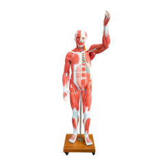 XC-339, Life Size Human Muscle Model, XC-339 Life Size Human Muscle Model 29 Parts, 3b Scientific Life Size Human Muscle Model 29 Parts, Life Size Muscle Model, elitetradebd, XC-BLS, XC-BLS Basic life support, BLS manikin (CPR & AED simulator) AED monitor, XC-101, XC-101 Life size skeleton (180 cm) with stand, XC-101 A, XC-101 A Skeleton (180 cm) Muscles & Ligaments, XC-101 E, XC-101 E Skeleton (180 cm) Flexible, XC-101 F, XC-101 F Flexible Skeleton with Ligaments, XC-102, XC-102 Skeleton (85 cm), XC-102 A, XC-102 A Skeleton (85 cm) with Spinal Nerves, XC-102 B, XC-102 B Skeleton (85 cm) with Spinal Nerves & Blood Vessel, XC-102 C, XC-102 C Skeleton (85 cm) with Painted Muscles, XC-102 CN, XC-102 CN Skeleton (85 cm) with Painted Muscles, XC-103, XC-103 Mini Skeleton, XC-104, XC-104 Life size Skull, XC-104 B, XC-104 B Life size Skull Painted, XC-104 C, XC-104 C Life size Skull colored bones, XC-104 D, XC-104 D Deluxe Life size Skull (Style D), XC-104 E, XC-104 E Skull with 8 parts Brain, XC-105, XC-105 Life size Vertebrae Column with Pelvis, XC-105 A, XC-105 A Vertebrae Column with Pelvis & Painted Muscles, XC-105 AN, XC-105 AN Vertebrae Column with Pelvis & Numbered Painted Muscles, XC-105 C, XC-105 C Didactic Flexible Vertebrae Column with Pelvis, XC-106, XC-106 Miniature Plastic Skull, XC-107, XC-107 Life size Vertebral column, XC-107 A, XC-107 A Vertebral column with painted muscles, XC-107 C, XC-107 C Didactic Vertebral column, XC-107 D, XC-107 D Vertebral column disarticulate model, XC-109, XC-109 Life size shoulder joint, XC-109 A, XC-109 A Life size muscled Shoulder joint, XC-110, XC-110 Life size Hip Joint, XC-111, XC-111 Life size Knee Joint, XC-112, XC-112 Life size Elbow Joint, XC-113, XC-113 Life size foot Joint, XC-113 A, XC-113 A Life size foot Joint with Ligaments, XC-114 Life size hand Joint, XC-114 A, XC-114 A Life size hand Joint with Ligaments, XC-115, XC-115 Life size pelvis with 5 pcs Lumber Vertebrae, XC-115 A, XC-115 A Half size pelvis with 5 pcs Lumber Vertebrae, XC-116, XC-116 Lumber set 2 Pcs, XC-117, XC-117 Lumber set 3 Pcs, XC-118, XC-118 Lumber set 4 Pcs, XC-119, XC-119 Life size lumber Vertebrae with sacrum & Coccyx & Herniated, XC-119 A, XC-119 A Mini Lumber Vertebrae with Sacrum & Coccyx & Herniated Disc, XC-120, XC-120 Thoracic Spinal Column, XC-121, XC-121 Life size Upper Extremity, XC-122, XC-122 Life size lower Extremity, XC-123, XC-123 Adult male Pelvis, XC-124, XC-124 Adult Female Pelvis, XC-125, XC-125 Female Pelvic Muscles & Organs, XC-126, XC-126 Life size vertebral clumn with pelvis & Femur head, XC-126A, XC-126A vertebral clumn with pelvis & Femur heads & Painted Muscies, XC-126AN, XC-126AN vertebral clumn with pelvis & Femur heads and numbered Painted Muscies, XC-126 C, XC-126 C Didactic vertebral clumn with pelvis & Femur head, XC-126 D, XC-126 D Flexible vertebral with removable Pelvis & Femur, XC-127, XC-127 Birth Demonstration, XC-128, XC-128 Life size pelvis with 2 Pcs Lumber Vertebrae, XC-130, XC-130 Disarticulated Skeleton with Skull, XC-133, XC-133 Cervical Vertebral Clumn with Nack Artery, XC-134, XC-134 Cutaway Osteoporosis, XC-135, XC-135 Skull with CervicalmSpine, XC-135 E, XC-135 E Skull with Brain and Cervical Spain 8 Parts, XC-201, XC-201 Male Torso (85 cm) 19 Parts, XC-202 A, XC-202 A Male Torso (42 cm) 13 Parts, XC-203, XC-203 Torso (26 cm) 15 Parts, XC-204, XC-204 Unisex Torso (85 cm) 23 Parts, XC-205, XC-205 Unisex Torso (45 cm) 23 Parts, XC-206, XC-206 Sexless Torso (85 cm) 20 Parts, XC-207, XC-207 Sexless Torso (42 cm) 18 Parts, XC-208, XC-208 Unisex Torso (85 cm) 40 Parts, XC-209, XC-209 Unisex Torso (85 cm) 20 Parts, XC-210, XC-210 Unisex Torso (85 cm) 30 Parts, XC-301, XC-301 Magnified Human Lartnx, XC-302, XC-302 Magnified Pulmonary Alveoli, XC-303 A, XC-303 A Giant Ear, XC-303 B, XC-303 B Middle Ear, XC-303 C, XC-303 C New Style Giant Ear, XC-303 D, XC-303 D Desktop Ear, XC-304, XC-304 Brain, XC-304 A, XC-304 A New Style Brain, XC-304 B, XC-304 B Brain, XC-305, XC-305 Expansion of Human Teeth, XC-306, XC-306 Stomach, XC-307, XC-307 Jumbo Heart, XC-307 A, XC-307 A Life size Heart, XC-307 B, XC-307 B New style life size heart, XC-307C, XC-307C New style Jumbo Heart, XC-307 D, XC-307 D Middle Heart, XC-308, XC-308 Brain with Arteries, XC-308 A, XC-308 A Brain with Arterial, XC-308 D, XC-308 D Brain with Arterial 9 Parts, XC-309, XC-309 Anatomy Nasal Cavity, XC-310-1, XC-310-1 Kidney, XC-310-2, XC-310-2 Kidney 2 Parts, XC-310-3, XC-310-3 Kidney with Adrenal Gland, XC-310-4, XC-310-4 Enlarged Kidney, XC-311, XC-311 Liver, Pancreas & Duodenum, XC-312, XC-312 Liver, XC-313, XC-313 Enlarge Skin, XC-313-2, XC-313-2 Skin Block, XC-313-3, XC-313-3 Skin Section, XC-315, XC-315 Digestive System, XC-316, XC-316 Giant Eye, XC-316 A, XC-316 A Giant Eye A, XC-316 B, XC-316 B Eye with Orbit, XC-317, XC-317 Expansion of Urinary Bladder, XC-318, XC-318 Brain with Arteries on Head, XC-318 B, XC-318 B Head with Brain, XC-319, XC-319 Median section of the Head, XC-319 A, XC-319 A Frontal Section & Median Section of the Head, XC-319 B, XC-319 B Frontal section of Head, XC-320, XC-320 Larynx, Heart & Lung, XC-321, XC-321 Lung, XC-321 B, XC-321 B Lung, XC-322, XC-322 Circulatory system, XC-324, XC-324 The Head, XC-325, XC-325 Plam Anatomy, XC-326, XC-326 Normal Flat & Arched Foot, XC-330, XC-330 Transparent Lung Segment, XC-331, XC-331 Male Urogenital system, XC-331 A, XC-331 A Human male Pelvis section Part 1, XC-331 B, XC-331 B Human male Pelvis section Part 2, XC-331 C, XC-331 C Advanced Male internal & external Gental Organs, XC-331 D, XC-331 D Male Gental Organ, XC-332, XC-332 Female Urogenital System, XC-332 A, XC-332 A Female Pelvis section 1 Part, XC-332 B, XC-332 B Female Pelvis section 4 Parts, XC-332 B-1, XC-332 B-1Female Pelvis section 2 Part2, XC-332 C, XC-332 C Advanced Female internal & external Gental Organ, XC-332 D, XC-332 D Female Pelvis, XC-333, XC-333 Urinary system, XC-334, XC-334 Human (80 cm) Muscles Male (27 Parts), XC-335, XC-335 Human Muscles 50 cm 1 Part, XC-336, XC-336 Muscles of human Arm 7 parts, XC-337, XC-337 Muscles of Lower Limb 13 Parts, XC-338, XC-338 Life size human Muscle foot (7 parts), XC-401, XC 401Multifunctional patient care Manikin, XC-401 A, XC-401 A High quality Nurse Trainning Doll (Male), XC-401 A-1, XC-401 A-1 New style High quality Nurse Trainning Doll (Male), XC-401 A-2, XC-401 A-2 Advanced Nurse Trainning Doll (with BP Trainning Arm Male), XC-401 B, XC-401 B High quality Nurse Trainning Doll (Female), XC-401 B-1, XC-401 B-1 New style High quality Nurse Trainning Doll (Female), XC-401 B-2, XC-401 B-2 Advanced Nurse trainning doll (with BP Trainning Arm Female), XC-401 C, XC-401 C Advanced Multifunctional Nursing Trainning Doll, XC-401 D, XC-401 D Advanced Trauma Simulator, XC-401 D-1, XC-401 D-1 Advance Trauma Accessories, XC-401 M, XC-401 M Multifunctional patient care Manikin (Male), XC-402, XC-402 Course of delivery, XC-402 A, XC-402 A Advanced Course of delivery, XC-402 A-1, XC-402 A-1 Delivery Machine, XC-403, XC-403 Dental Care (28 teeth), XC-403 A, XC-403 A Dental Care (32 teeth), XC-403 B, XC-403 B Small Dental Care (28 teeth), XC-403 C, XC-403 C Small Dental Care (32 teeth), XC-403 D, XC-403 D Dental Care with Cheek, XC-404, XC-404 Basic CPR Trainning (half Body), XC-404 A, XC-404 A Half body CPR Trainninf (male), XC-404 B, XC-404 B Half body CPR Trainninf (Female), XC-405, XC-405 Nurse Basic Practice Teaching 5 parts, XC-405 A, XC-405 A Simple male Urethral catheterization simulator, XC-405 B, XC-405 B Simple Female Urethral catheterization simulator, XC-405-2, XC-405-2 Transparent gastric lavage model, XC-406-1, XC-406-1 Whole body basic CPR Manikin style 100 (Male/Female), XC-406-2, XC-406-2 Whole body basic CPR Manikin style 200 (Male/Female), XC-406-5, XC-406-5 Whole body basic CPR Manikin style 500 (Male/Female), XC-406-5 Plus, XC-406-5 Plus New style CPR Trainning Manikin, XC-406A 5 Plus, XC-406A 5 Plus Whole advanced CPR Manikin style 500 (Female), XC-407, XC-407 Human Trachea Intubation, XC-407 A, XC-407 A Advanced Human Trachea Intubation, XC-408, XC-408 Electronic Urinary, XC-408 C, XC-408 C Advanced male Urethral Catheterization simulator, XC-408 D, XC-408 D Advanced female Urethral Catheterization simulator, XC-408 E, XC-408 E Transparant male Urethral Catheterization simulator, XC-408 F, XC-408 F Transparent female Urethral Catheterization simulator, XC-409, XC-409 New Born baby, XC-409 A, XC-409 A New style New Born baby, XC-409A-1, XC-409A-1 New style New Born baby model (Girl), XC-409 B, XC-409 B Advanced New Born care, XC-409 C, XC-409 C Advanced neonate Umbilical cord, XC-409 C-1, XC-409 C-1 Umbilical Cord, XC-409 D, XC-409 D Tracheostomy care infant, XC-409 E, XC-409 E Neonate scalp venipuncture, XC-410, XC-410 New born Intubation, XC-410 A, XC-410 A Infant Intubation trainning, XC-411, XC-411 Gynecological Trainning simulator, XC-412, XC-412 Advanced maternity, XC-414, XC-414 Development process for ferus, XC-414 A, XC-414 A The development process for ferus (half size), XC-416, XC-416 New born CPR Trainning manikin, XC-417, XC-417 Conception Guidance, XC-417 A, XC-417 A Female Contraception Guidance, XC-417 B, XC-417 B Male Condom Simulator (Transparent Base), XC-418, XC-418 Breast Examination, XC-418 B, XC-418 B Lactation Trainning model, Xincheng Scientific Industries Co., Ltd, Xincheng Scientific Model, Xincheng Scientific Human model, Xincheng Scientific Human body models, Models, Charts, Human body charts, China Models, China Chart, XC-BLS price in bd, XC-BLS Basic life support price in bd, BLS manikin (CPR & AED simulator) AED monitor price in bd, XC-101 price in bd, XC-101 Life size skeleton (180 cm) with stand price in bd, XC-101 A price in bd, XC-101 A Skeleton (180 cm) Muscles & Ligaments price in bd, XC-101 E price in bd, XC-101 E Skeleton (180 cm) Flexible price in bd, XC-101 F price in bd, XC-101 F Flexible Skeleton with Ligaments price in bd, XC-102 price in bd, XC-102 Skeleton (85 cm) price in bd, XC-102 A price in bd, XC-102 A Skeleton (85 cm) with Spinal Nerves price in bd, XC-102 B price in bd, XC-102 B Skeleton (85 cm) with Spinal Nerves & Blood Vessel price in bd, XC-102 C price in bd, XC-102 C Skeleton (85 cm) with Painted Muscles price in bd, XC-102 CN price in bd, XC-102 CN Skeleton (85 cm) with Painted Muscles price in bd, XC-103 price in bd, XC-103 Mini Skeleton price in bd, XC-104 price in bd, XC-104 Life size Skull price in bd, XC-104 B price in bd, XC-104 B Life size Skull Painted price in bd, XC-104 C price in bd, XC-104 C Life size Skull colored bones price in bd, XC-104 D price in bd, XC-104 D Deluxe Life size Skull (Style D) price in bd, XC-104 E price in bd, XC-104 E Skull with 8 parts Brain price in bd, XC-105 price in bd, XC-105 Life size Vertebrae Column with Pelvis price in bd, XC-105 A price in bd, XC-105 A Vertebrae Column with Pelvis & Painted Muscles price in bd, XC-105 AN price in bd, XC-105 AN Vertebrae Column with Pelvis & Numbered Painted Muscles price in bd, XC-105 C price in bd, XC-105 C Didactic Flexible Vertebrae Column with Pelvis price in bd, XC-106 price in bd, XC-106 Miniature Plastic Skull price in bd, XC-107 price in bd, XC-107 Life size Vertebral column price in bd, XC-107 A price in bd, XC-107 A Vertebral column with painted muscles price in bd, XC-107 C price in bd, XC-107 C Didactic Vertebral column price in bd, XC-107 D price in bd, XC-107 D Vertebral column disarticulate model price in bd, XC-109 price in bd, XC-109 Life size shoulder joint price in bd, XC-109 A price in bd, XC-109 A Life size muscled Shoulder joint price in bd, XC-110 price in bd, XC-110 Life size Hip Joint price in bd, XC-111 price in bd, XC-111 Life size Knee Joint price in bd, XC-112 price in bd, XC-112 Life size Elbow Joint price in bd, XC-113 price in bd, XC-113 Life size foot Joint price in bd, XC-113 A price in bd, XC-113 A Life size foot Joint with Ligaments price in bd, XC-114 Life size hand Joint price in bd, XC-114 A price in bd, XC-114 A Life size hand Joint with Ligaments price in bd, XC-115 price in bd, XC-115 Life size pelvis with 5 pcs Lumber Vertebrae price in bd, XC-115 A price in bd, XC-115 A Half size pelvis with 5 pcs Lumber Vertebrae price in bd, XC-116 price in bd, XC-116 Lumber set 2 Pcs price in bd, XC-117 price in bd, XC-117 Lumber set 3 Pcs price in bd, XC-118 price in bd, XC-118 Lumber set 4 Pcs price in bd, XC-119 price in bd, XC-119 Life size lumber Vertebrae with sacrum & Coccyx & Herniated price in bd, XC-119 A price in bd, XC-119 A Mini Lumber Vertebrae with Sacrum & Coccyx & Herniated Disc price in bd, XC-120 price in bd, XC-120 Thoracic Spinal Column price in bd, XC-121 price in bd, XC-121 Life size Upper Extremity price in bd, XC-122 price in bd, XC-122 Life size lower Extremity price in bd, XC-123 price in bd, XC-123 Adult male Pelvis price in bd, XC-124 price in bd, XC-124 Adult Female Pelvis price in bd, XC-125 price in bd, XC-125 Female Pelvic Muscles & Organs price in bd, XC-126 price in bd, XC-126 Life size vertebral clumn with pelvis & Femur head price in bd, XC-126A price in bd, XC-126A vertebral clumn with pelvis & Femur heads & Painted Muscies price in bd, XC-126AN price in bd, XC-126AN vertebral clumn with pelvis & Femur heads and numbered Painted Muscies price in bd, XC-126 C price in bd, XC-126 C Didactic vertebral clumn with pelvis & Femur head price in bd, XC-126 D price in bd, XC-126 D Flexible vertebral with removable Pelvis & Femur price in bd, XC-127 price in bd, XC-127 Birth Demonstration price in bd, XC-128 price in bd, XC-128 Life size pelvis with 2 Pcs Lumber Vertebrae price in bd, XC-130 price in bd, XC-130 Disarticulated Skeleton with Skull price in bd, XC-133 price in bd, XC-133 Cervical Vertebral Clumn with Nack Artery price in bd, XC-134 price in bd, XC-134 Cutaway Osteoporosis price in bd, XC-135 price in bd, XC-135 Skull with CervicalmSpine price in bd, XC-135 E price in bd, XC-135 E Skull with Brain and Cervical Spain 8 Parts price in bd, XC-201 price in bd, XC-201 Male Torso (85 cm) 19 Parts price in bd, XC-202 A price in bd, XC-202 A Male Torso (42 cm) 13 Parts price in bd, XC-203 price in bd, XC-203 Torso (26 cm) 15 Parts price in bd, XC-204 price in bd, XC-204 Unisex Torso (85 cm) 23 Parts price in bd, XC-205 price in bd, XC-205 Unisex Torso (45 cm) 23 Parts price in bd, XC-206 price in bd, XC-206 Sexless Torso (85 cm) 20 Parts price in bd, XC-207 price in bd, XC-207 Sexless Torso (42 cm) 18 Parts price in bd, XC-208 price in bd, XC-208 Unisex Torso (85 cm) 40 Parts price in bd, XC-209 price in bd, XC-209 Unisex Torso (85 cm) 20 Parts price in bd, XC-210 price in bd, XC-210 Unisex Torso (85 cm) 30 Parts price in bd, XC-301 price in bd, XC-301 Magnified Human Lartnx price in bd, XC-302 price in bd, XC-302 Magnified Pulmonary Alveoli price in bd, XC-303 A price in bd, XC-303 A Giant Ear price in bd, XC-303 B price in bd, XC-303 B Middle Ear price in bd, XC-303 C price in bd, XC-303 C New Style Giant Ear price in bd, XC-303 D price in bd, XC-303 D Desktop Ear price in bd, XC-304 price in bd, XC-304 Brain price in bd, XC-304 A price in bd, XC-304 A New Style Brain price in bd, XC-304 B price in bd, XC-304 B Brain price in bd, XC-305 price in bd, XC-305 Expansion of Human Teeth price in bd, XC-306 price in bd, XC-306 Stomach price in bd, XC-307 price in bd, XC-307 Jumbo Heart price in bd, XC-307 A price in bd, XC-307 A Life size Heart price in bd, XC-307 B price in bd, XC-307 B New style life size heart price in bd, XC-307C price in bd, XC-307C New style Jumbo Heart price in bd, XC-307 D price in bd, XC-307 D Middle Heart price in bd, XC-308 price in bd, XC-308 Brain with Arteries price in bd, XC-308 A price in bd, XC-308 A Brain with Arterial price in bd, XC-308 D price in bd, XC-308 D Brain with Arterial 9 Parts price in bd, XC-309 price in bd, XC-309 Anatomy Nasal Cavity price in bd, XC-310-1 price in bd, XC-310-1 Kidney price in bd, XC-310-2 price in bd, XC-310-2 Kidney 2 Parts price in bd, XC-310-3 price in bd, XC-310-3 Kidney with Adrenal Gland price in bd, XC-310-4 price in bd, XC-310-4 Enlarged Kidney price in bd, XC-311 price in bd, XC-311 Liver price in bd, Pancreas & Duodenum price in bd, XC-312 price in bd, XC-312 Liver price in bd, XC-313 price in bd, XC-313 Enlarge Skin price in bd, XC-313-2 price in bd, XC-313-2 Skin Block price in bd, XC-313-3 price in bd, XC-313-3 Skin Section price in bd, XC-315 price in bd, XC-315 Digestive System price in bd, XC-316 price in bd, XC-316 Giant Eye price in bd, XC-316 A price in bd, XC-316 A Giant Eye A price in bd, XC-316 B price in bd, XC-316 B Eye with Orbit price in bd, XC-317 price in bd, XC-317 Expansion of Urinary Bladder price in bd, XC-318 price in bd, XC-318 Brain with Arteries on Head price in bd, XC-318 B price in bd, XC-318 B Head with Brain price in bd, XC-319 price in bd, XC-319 Median section of the Head price in bd, XC-319 A price in bd, XC-319 A Frontal Section & Median Section of the Head price in bd, XC-319 B price in bd, XC-319 B Frontal section of Head price in bd, XC-320 price in bd, XC-320 Larynx price in bd, Heart & Lung price in bd, XC-321 price in bd, XC-321 Lung price in bd, XC-321 B price in bd, XC-321 B Lung price in bd, XC-322 price in bd, XC-322 Circulatory system price in bd, XC-324 price in bd, XC-324 The Head price in bd, XC-325 price in bd, XC-325 Plam Anatomy price in bd, XC-326 price in bd, XC-326 Normal Flat & Arched Foot price in bd, XC-330 price in bd, XC-330 Transparent Lung Segment price in bd, XC-331 price in bd, XC-331 Male Urogenital system price in bd, XC-331 A price in bd, XC-331 A Human male Pelvis section Part 1 price in bd, XC-331 B price in bd, XC-331 B Human male Pelvis section Part 2 price in bd, XC-331 C price in bd, XC-331 C Advanced Male internal & external Gental Organs price in bd, XC-331 D price in bd, XC-331 D Male Gental Organ price in bd, XC-332 price in bd, XC-332 Female Urogenital System price in bd, XC-332 A price in bd, XC-332 A Female Pelvis section 1 Part price in bd, XC-332 B price in bd, XC-332 B Female Pelvis section 4 Parts price in bd, XC-332 B-1 price in bd, XC-332 B-1Female Pelvis section 2 Part2 price in bd, XC-332 C price in bd, XC-332 C Advanced Female internal & external Gental Organ price in bd, XC-332 D price in bd, XC-332 D Female Pelvis price in bd, XC-333 price in bd, XC-333 Urinary system price in bd, XC-334 price in bd, XC-334 Human (80 cm) Muscles Male (27 Parts) price in bd, XC-335 price in bd, XC-335 Human Muscles 50 cm 1 Part price in bd, XC-336 price in bd, XC-336 Muscles of human Arm 7 parts price in bd, XC-337 price in bd, XC-337 Muscles of Lower Limb 13 Parts price in bd, XC-338 price in bd, XC-338 Life size human Muscle foot (7 parts) price in bd, XC-401 price in bd, XC 401Multifunctional patient care Manikin price in bd, XC-401 A price in bd, XC-401 A High quality Nurse Trainning Doll (Male) price in bd, XC-401 A-1 price in bd, XC-401 A-1 New style High quality Nurse Trainning Doll (Male) price in bd, XC-401 A-2 price in bd, XC-401 A-2 Advanced Nurse Trainning Doll (with BP Trainning Arm Male) price in bd, XC-401 B price in bd, XC-401 B High quality Nurse Trainning Doll (Female) price in bd, XC-401 B-1 price in bd, XC-401 B-1 New style High quality Nurse Trainning Doll (Female) price in bd, XC-401 B-2 price in bd, XC-401 B-2 Advanced Nurse trainning doll (with BP Trainning Arm Female) price in bd, XC-401 C price in bd, XC-401 C Advanced Multifunctional Nursing Trainning Doll price in bd, XC-401 D price in bd, XC-401 D Advanced Trauma Simulator price in bd, XC-401 D-1 price in bd, XC-401 D-1 Advance Trauma Accessories price in bd, XC-401 M price in bd, XC-401 M Multifunctional patient care Manikin (Male) price in bd, XC-402 price in bd, XC-402 Course of delivery price in bd, XC-402 A price in bd, XC-402 A Advanced Course of delivery price in bd, XC-402 A-1 price in bd, XC-402 A-1 Delivery Machine price in bd, XC-403 price in bd, XC-403 Dental Care (28 teeth) price in bd, XC-403 A price in bd, XC-403 A Dental Care (32 teeth) price in bd, XC-403 B price in bd, XC-403 B Small Dental Care (28 teeth) price in bd, XC-403 C price in bd, XC-403 C Small Dental Care (32 teeth) price in bd, XC-403 D price in bd, XC-403 D Dental Care with Cheek price in bd, XC-404 price in bd, XC-404 Basic CPR Trainning (half Body) price in bd, XC-404 A price in bd, XC-404 A Half body CPR Trainninf (male) price in bd, XC-404 B price in bd, XC-404 B Half body CPR Trainninf (Female) price in bd, XC-405 price in bd, XC-405 Nurse Basic Practice Teaching 5 parts price in bd, XC-405 A price in bd, XC-405 A Simple male Urethral catheterization simulator price in bd, XC-405 B price in bd, XC-405 B Simple Female Urethral catheterization simulator price in bd, XC-405-2 price in bd, XC-405-2 Transparent gastric lavage model price in bd, XC-406-1 price in bd, XC-406-1 Whole body basic CPR Manikin style 100 (Male/Female) price in bd, XC-406-2 price in bd, XC-406-2 Whole body basic CPR Manikin style 200 (Male/Female) price in bd, XC-406-5 price in bd, XC-406-5 Whole body basic CPR Manikin style 500 (Male/Female) price in bd, XC-406-5 Plus price in bd, XC-406-5 Plus New style CPR Trainning Manikin price in bd, XC-406A 5 Plus price in bd, XC-406A 5 Plus Whole advanced CPR Manikin style 500 (Female) price in bd, XC-407 price in bd, XC-407 Human Trachea Intubation price in bd, XC-407 A price in bd, XC-407 A Advanced Human Trachea Intubation price in bd, XC-408 price in bd, XC-408 Electronic Urinary price in bd, XC-408 C price in bd, XC-408 C Advanced male Urethral Catheterization simulator price in bd, XC-408 D price in bd, XC-408 D Advanced female Urethral Catheterization simulator price in bd, XC-408 E price in bd, XC-408 E Transparant male Urethral Catheterization simulator price in bd, XC-408 F price in bd, XC-408 F Transparent female Urethral Catheterization simulator price in bd, XC-409 price in bd, XC-409 New Born baby price in bd, XC-409 A price in bd, XC-409 A New style New Born baby price in bd, XC-409A-1 price in bd, XC-409A-1 New style New Born baby model (Girl) price in bd, XC-409 B price in bd, XC-409 B Advanced New Born care price in bd, XC-409 C price in bd, XC-409 C Advanced neonate Umbilical cord price in bd, XC-409 C-1 price in bd, XC-409 C-1 Umbilical Cord price in bd, XC-409 D price in bd, XC-409 D Tracheostomy care infant price in bd, XC-409 E price in bd, XC-409 E Neonate scalp venipuncture price in bd, XC-410 price in bd, XC-410 New born Intubation price in bd, XC-410 A price in bd, XC-410 A Infant Intubation trainning price in bd, XC-411 price in bd, XC-411 Gynecological Trainning simulator price in bd, XC-412 price in bd, XC-412 Advanced maternity price in bd, XC-414 price in bd, XC-414 Development process for ferus price in bd, XC-414 A price in bd, XC-414 A The development process for ferus (half size) price in bd, XC-416 price in bd, XC-416 New born CPR Trainning manikin price in bd, XC-417 price in bd, XC-417 Conception Guidance price in bd, XC-417 A price in bd, XC-417 A Female Contraception Guidance price in bd, XC-417 B price in bd, XC-417 B Male Condom Simulator (Transparent Base) price in bd, XC-418 price in bd, XC-418 Breast Examination price in bd, XC-418 B price in bd, XC-418 B Lactation Trainning model price in bd, XC-BLS saler in bd, XC-BLS Basic life support saler in bd, BLS manikin (CPR & AED simulator) AED monitor saler in bd, XC-101 saler in bd, XC-101 Life size skeleton (180 cm) with stand saler in bd, XC-101 A saler in bd, XC-101 A Skeleton (180 cm) Muscles & Ligaments saler in bd, XC-101 E saler in bd, XC-101 E Skeleton (180 cm) Flexible saler in bd, XC-101 F saler in bd, XC-101 F Flexible Skeleton with Ligaments saler in bd, XC-102 saler in bd, XC-102 Skeleton (85 cm) saler in bd, XC-102 A saler in bd, XC-102 A Skeleton (85 cm) with Spinal Nerves saler in bd, XC-102 B saler in bd, XC-102 B Skeleton (85 cm) with Spinal Nerves & Blood Vessel saler in bd, XC-102 C saler in bd, XC-102 C Skeleton (85 cm) with Painted Muscles saler in bd, XC-102 CN saler in bd, XC-102 CN Skeleton (85 cm) with Painted Muscles saler in bd, XC-103 saler in bd, XC-103 Mini Skeleton saler in bd, XC-104 saler in bd, XC-104 Life size Skull saler in bd, XC-104 B saler in bd, XC-104 B Life size Skull Painted saler in bd, XC-104 C saler in bd, XC-104 C Life size Skull colored bones saler in bd, XC-104 D saler in bd, XC-104 D Deluxe Life size Skull (Style D) saler in bd, XC-104 E saler in bd, XC-104 E Skull with 8 parts Brain saler in bd, XC-105 saler in bd, XC-105 Life size Vertebrae Column with Pelvis saler in bd, XC-105 A saler in bd, XC-105 A Vertebrae Column with Pelvis & Painted Muscles saler in bd, XC-105 AN saler in bd, XC-105 AN Vertebrae Column with Pelvis & Numbered Painted Muscles saler in bd, XC-105 C saler in bd, XC-105 C Didactic Flexible Vertebrae Column with Pelvis saler in bd, XC-106 saler in bd, XC-106 Miniature Plastic Skull saler in bd, XC-107 saler in bd, XC-107 Life size Vertebral column saler in bd, XC-107 A saler in bd, XC-107 A Vertebral column with painted muscles saler in bd, XC-107 C saler in bd, XC-107 C Didactic Vertebral column saler in bd, XC-107 D saler in bd, XC-107 D Vertebral column disarticulate model saler in bd, XC-109 saler in bd, XC-109 Life size shoulder joint saler in bd, XC-109 A saler in bd, XC-109 A Life size muscled Shoulder joint saler in bd, XC-110 saler in bd, XC-110 Life size Hip Joint saler in bd, XC-111 saler in bd, XC-111 Life size Knee Joint saler in bd, XC-112 saler in bd, XC-112 Life size Elbow Joint saler in bd, XC-113 saler in bd, XC-113 Life size foot Joint saler in bd, XC-113 A saler in bd, XC-113 A Life size foot Joint with Ligaments saler in bd, XC-114 Life size hand Joint saler in bd, XC-114 A saler in bd, XC-114 A Life size hand Joint with Ligaments saler in bd, XC-115 saler in bd, XC-115 Life size pelvis with 5 pcs Lumber Vertebrae saler in bd, XC-115 A saler in bd, XC-115 A Half size pelvis with 5 pcs Lumber Vertebrae saler in bd, XC-116 saler in bd, XC-116 Lumber set 2 Pcs saler in bd, XC-117 saler in bd, XC-117 Lumber set 3 Pcs saler in bd, XC-118 saler in bd, XC-118 Lumber set 4 Pcs saler in bd, XC-119 saler in bd, XC-119 Life size lumber Vertebrae with sacrum & Coccyx & Herniated saler in bd, XC-119 A saler in bd, XC-119 A Mini Lumber Vertebrae with Sacrum & Coccyx & Herniated Disc saler in bd, XC-120 saler in bd, XC-120 Thoracic Spinal Column saler in bd, XC-121 saler in bd, XC-121 Life size Upper Extremity saler in bd, XC-122 saler in bd, XC-122 Life size lower Extremity saler in bd, XC-123 saler in bd, XC-123 Adult male Pelvis saler in bd, XC-124 saler in bd, XC-124 Adult Female Pelvis saler in bd, XC-125 saler in bd, XC-125 Female Pelvic Muscles & Organs saler in bd, XC-126 saler in bd, XC-126 Life size vertebral clumn with pelvis & Femur head saler in bd, XC-126A saler in bd, XC-126A vertebral clumn with pelvis & Femur heads & Painted Muscies saler in bd, XC-126AN saler in bd, XC-126AN vertebral clumn with pelvis & Femur heads and numbered Painted Muscies saler in bd, XC-126 C saler in bd, XC-126 C Didactic vertebral clumn with pelvis & Femur head saler in bd, XC-126 D saler in bd, XC-126 D Flexible vertebral with removable Pelvis & Femur saler in bd, XC-127 saler in bd, XC-127 Birth Demonstration saler in bd, XC-128 saler in bd, XC-128 Life size pelvis with 2 Pcs Lumber Vertebrae saler in bd, XC-130 saler in bd, XC-130 Disarticulated Skeleton with Skull saler in bd, XC-133 saler in bd, XC-133 Cervical Vertebral Clumn with Nack Artery saler in bd, XC-134 saler in bd, XC-134 Cutaway Osteoporosis saler in bd, XC-135 saler in bd, XC-135 Skull with CervicalmSpine saler in bd, XC-135 E saler in bd, XC-135 E Skull with Brain and Cervical Spain 8 Parts saler in bd, XC-201 saler in bd, XC-201 Male Torso (85 cm) 19 Parts saler in bd, XC-202 A saler in bd, XC-202 A Male Torso (42 cm) 13 Parts saler in bd, XC-203 saler in bd, XC-203 Torso (26 cm) 15 Parts saler in bd, XC-204 saler in bd, XC-204 Unisex Torso (85 cm) 23 Parts saler in bd, XC-205 saler in bd, XC-205 Unisex Torso (45 cm) 23 Parts saler in bd, XC-206 saler in bd, XC-206 Sexless Torso (85 cm) 20 Parts saler in bd, XC-207 saler in bd, XC-207 Sexless Torso (42 cm) 18 Parts saler in bd, XC-208 saler in bd, XC-208 Unisex Torso (85 cm) 40 Parts saler in bd, XC-209 saler in bd, XC-209 Unisex Torso (85 cm) 20 Parts saler in bd, XC-210 saler in bd, XC-210 Unisex Torso (85 cm) 30 Parts saler in bd, XC-301 saler in bd, XC-301 Magnified Human Lartnx saler in bd, XC-302 saler in bd, XC-302 Magnified Pulmonary Alveoli saler in bd, XC-303 A saler in bd, XC-303 A Giant Ear saler in bd, XC-303 B saler in bd, XC-303 B Middle Ear saler in bd, XC-303 C saler in bd, XC-303 C New Style Giant Ear saler in bd, XC-303 D saler in bd, XC-303 D Desktop Ear saler in bd, XC-304 saler in bd, XC-304 Brain saler in bd, XC-304 A saler in bd, XC-304 A New Style Brain saler in bd, XC-304 B saler in bd, XC-304 B Brain saler in bd, XC-305 saler in bd, XC-305 Expansion of Human Teeth saler in bd, XC-306 saler in bd, XC-306 Stomach saler in bd, XC-307 saler in bd, XC-307 Jumbo Heart saler in bd, XC-307 A saler in bd, XC-307 A Life size Heart saler in bd, XC-307 B saler in bd, XC-307 B New style life size heart saler in bd, XC-307C saler in bd, XC-307C New style Jumbo Heart saler in bd, XC-307 D saler in bd, XC-307 D Middle Heart saler in bd, XC-308 saler in bd, XC-308 Brain with Arteries saler in bd, XC-308 A saler in bd, XC-308 A Brain with Arterial saler in bd, XC-308 D saler in bd, XC-308 D Brain with Arterial 9 Parts saler in bd, XC-309 saler in bd, XC-309 Anatomy Nasal Cavity saler in bd, XC-310-1 saler in bd, XC-310-1 Kidney saler in bd, XC-310-2 saler in bd, XC-310-2 Kidney 2 Parts saler in bd, XC-310-3 saler in bd, XC-310-3 Kidney with Adrenal Gland saler in bd, XC-310-4 saler in bd, XC-310-4 Enlarged Kidney saler in bd, XC-311 saler in bd, XC-311 Liver saler in bd, Pancreas & Duodenum saler in bd, XC-312 saler in bd, XC-312 Liver saler in bd, XC-313 saler in bd, XC-313 Enlarge Skin saler in bd, XC-313-2 saler in bd, XC-313-2 Skin Block saler in bd, XC-313-3 saler in bd, XC-313-3 Skin Section saler in bd, XC-315 saler in bd, XC-315 Digestive System saler in bd, XC-316 saler in bd, XC-316 Giant Eye saler in bd, XC-316 A saler in bd, XC-316 A Giant Eye A saler in bd, XC-316 B saler in bd, XC-316 B Eye with Orbit saler in bd, XC-317 saler in bd, XC-317 Expansion of Urinary Bladder saler in bd, XC-318 saler in bd, XC-318 Brain with Arteries on Head saler in bd, XC-318 B saler in bd, XC-318 B Head with Brain saler in bd, XC-319 saler in bd, XC-319 Median section of the Head saler in bd, XC-319 A saler in bd, XC-319 A Frontal Section & Median Section of the Head saler in bd, XC-319 B saler in bd, XC-319 B Frontal section of Head saler in bd, XC-320 saler in bd, XC-320 Larynx saler in bd, Heart & Lung saler in bd, XC-321 saler in bd, XC-321 Lung saler in bd, XC-321 B saler in bd, XC-321 B Lung saler in bd, XC-322 saler in bd, XC-322 Circulatory system saler in bd, XC-324 saler in bd, XC-324 The Head saler in bd, XC-325 saler in bd, XC-325 Plam Anatomy saler in bd, XC-326 saler in bd, XC-326 Normal Flat & Arched Foot saler in bd, XC-330 saler in bd, XC-330 Transparent Lung Segment saler in bd, XC-331 saler in bd, XC-331 Male Urogenital system saler in bd, XC-331 A saler in bd, XC-331 A Human male Pelvis section Part 1 saler in bd, XC-331 B saler in bd, XC-331 B Human male Pelvis section Part 2 saler in bd, XC-331 C saler in bd, XC-331 C Advanced Male internal & external Gental Organs saler in bd, XC-331 D saler in bd, XC-331 D Male Gental Organ saler in bd, XC-332 saler in bd, XC-332 Female Urogenital System saler in bd, XC-332 A saler in bd, XC-332 A Female Pelvis section 1 Part saler in bd, XC-332 B saler in bd, XC-332 B Female Pelvis section 4 Parts saler in bd, XC-332 B-1 saler in bd, XC-332 B-1Female Pelvis section 2 Part2 saler in bd, XC-332 C saler in bd, XC-332 C Advanced Female internal & external Gental Organ saler in bd, XC-332 D saler in bd, XC-332 D Female Pelvis saler in bd, XC-333 saler in bd, XC-333 Urinary system saler in bd, XC-334 saler in bd, XC-334 Human (80 cm) Muscles Male (27 Parts) saler in bd, XC-335 saler in bd, XC-335 Human Muscles 50 cm 1 Part saler in bd, XC-336 saler in bd, XC-336 Muscles of human Arm 7 parts saler in bd, XC-337 saler in bd, XC-337 Muscles of Lower Limb 13 Parts saler in bd, XC-338 saler in bd, XC-338 Life size human Muscle foot (7 parts) saler in bd, XC-401 saler in bd, XC 401Multifunctional patient care Manikin saler in bd, XC-401 A saler in bd, XC-401 A High quality Nurse Trainning Doll (Male) saler in bd, XC-401 A-1 saler in bd, XC-401 A-1 New style High quality Nurse Trainning Doll (Male) saler in bd, XC-401 A-2 saler in bd, XC-401 A-2 Advanced Nurse Trainning Doll (with BP Trainning Arm Male) saler in bd, XC-401 B saler in bd, XC-401 B High quality Nurse Trainning Doll (Female) saler in bd, XC-401 B-1 saler in bd, XC-401 B-1 New style High quality Nurse Trainning Doll (Female) saler in bd, XC-401 B-2 saler in bd, XC-401 B-2 Advanced Nurse trainning doll (with BP Trainning Arm Female) saler in bd, XC-401 C saler in bd, XC-401 C Advanced Multifunctional Nursing Trainning Doll saler in bd, XC-401 D saler in bd, XC-401 D Advanced Trauma Simulator saler in bd, XC-401 D-1 saler in bd, XC-401 D-1 Advance Trauma Accessories saler in bd, XC-401 M saler in bd, XC-401 M Multifunctional patient care Manikin (Male) saler in bd, XC-402 saler in bd, XC-402 Course of delivery saler in bd, XC-402 A saler in bd, XC-402 A Advanced Course of delivery saler in bd, XC-402 A-1 saler in bd, XC-402 A-1 Delivery Machine saler in bd, XC-403 saler in bd, XC-403 Dental Care (28 teeth) saler in bd, XC-403 A saler in bd, XC-403 A Dental Care (32 teeth) saler in bd, XC-403 B saler in bd, XC-403 B Small Dental Care (28 teeth) saler in bd, XC-403 C saler in bd, XC-403 C Small Dental Care (32 teeth) saler in bd, XC-403 D saler in bd, XC-403 D Dental Care with Cheek saler in bd, XC-404 saler in bd, XC-404 Basic CPR Trainning (half Body) saler in bd, XC-404 A saler in bd, XC-404 A Half body CPR Trainninf (male) saler in bd, XC-404 B saler in bd, XC-404 B Half body CPR Trainninf (Female) saler in bd, XC-405 saler in bd, XC-405 Nurse Basic Practice Teaching 5 parts saler in bd, XC-405 A saler in bd, XC-405 A Simple male Urethral catheterization simulator saler in bd, XC-405 B saler in bd, XC-405 B Simple Female Urethral catheterization simulator saler in bd, XC-405-2 saler in bd, XC-405-2 Transparent gastric lavage model saler in bd, XC-406-1 saler in bd, XC-406-1 Whole body basic CPR Manikin style 100 (Male/Female) saler in bd, XC-406-2 saler in bd, XC-406-2 Whole body basic CPR Manikin style 200 (Male/Female) saler in bd, XC-406-5 saler in bd, XC-406-5 Whole body basic CPR Manikin style 500 (Male/Female) saler in bd, XC-406-5 Plus saler in bd, XC-406-5 Plus New style CPR Trainning Manikin saler in bd, XC-406A 5 Plus saler in bd, XC-406A 5 Plus Whole advanced CPR Manikin style 500 (Female) saler in bd, XC-407 saler in bd, XC-407 Human Trachea Intubation saler in bd, XC-407 A saler in bd, XC-407 A Advanced Human Trachea Intubation saler in bd, XC-408 saler in bd, XC-408 Electronic Urinary saler in bd, XC-408 C saler in bd, XC-408 C Advanced male Urethral Catheterization simulator saler in bd, XC-408 D saler in bd, XC-408 D Advanced female Urethral Catheterization simulator saler in bd, XC-408 E saler in bd, XC-408 E Transparant male Urethral Catheterization simulator saler in bd, XC-408 F saler in bd, XC-408 F Transparent female Urethral Catheterization simulator saler in bd, XC-409 saler in bd, XC-409 New Born baby saler in bd, XC-409 A saler in bd, XC-409 A New style New Born baby saler in bd, XC-409A-1 saler in bd, XC-409A-1 New style New Born baby model (Girl) saler in bd, XC-409 B saler in bd, XC-409 B Advanced New Born care saler in bd, XC-409 C saler in bd, XC-409 C Advanced neonate Umbilical cord saler in bd, XC-409 C-1 saler in bd, XC-409 C-1 Umbilical Cord saler in bd, XC-409 D saler in bd, XC-409 D Tracheostomy care infant saler in bd, XC-409 E saler in bd, XC-409 E Neonate scalp venipuncture saler in bd, XC-410 saler in bd, XC-410 New born Intubation saler in bd, XC-410 A saler in bd, XC-410 A Infant Intubation trainning saler in bd, XC-411 saler in bd, XC-411 Gynecological Trainning simulator saler in bd, XC-412 saler in bd, XC-412 Advanced maternity saler in bd, XC-414 saler in bd, XC-414 Development process for ferus saler in bd, XC-414 A saler in bd, XC-414 A The development process for ferus (half size) saler in bd, XC-416 saler in bd, XC-416 New born CPR Trainning manikin saler in bd, XC-417 saler in bd, XC-417 Conception Guidance saler in bd, XC-417 A saler in bd, XC-417 A Female Contraception Guidance saler in bd, XC-417 B saler in bd, XC-417 B Male Condom Simulator (Transparent Base) saler in bd, XC-418 saler in bd, XC-418 Breast Examination saler in bd, XC-418 B saler in bd, XC-418 B Lactation Trainning model saler in bd, XC-BLS seller in bd, XC-BLS Basic life support seller in bd, BLS manikin (CPR & AED simulator) AED monitor seller in bd, XC-101 seller in bd, XC-101 Life size skeleton (180 cm) with stand seller in bd, XC-101 A seller in bd, XC-101 A Skeleton (180 cm) Muscles & Ligaments seller in bd, XC-101 E seller in bd, XC-101 E Skeleton (180 cm) Flexible seller in bd, XC-101 F seller in bd, XC-101 F Flexible Skeleton with Ligaments seller in bd, XC-102 seller in bd, XC-102 Skeleton (85 cm) seller in bd, XC-102 A seller in bd, XC-102 A Skeleton (85 cm) with Spinal Nerves seller in bd, XC-102 B seller in bd, XC-102 B Skeleton (85 cm) with Spinal Nerves & Blood Vessel seller in bd, XC-102 C seller in bd, XC-102 C Skeleton (85 cm) with Painted Muscles seller in bd, XC-102 CN seller in bd, XC-102 CN Skeleton (85 cm) with Painted Muscles seller in bd, XC-103 seller in bd, XC-103 Mini Skeleton seller in bd, XC-104 seller in bd, XC-104 Life size Skull seller in bd, XC-104 B seller in bd, XC-104 B Life size Skull Painted seller in bd, XC-104 C seller in bd, XC-104 C Life size Skull colored bones seller in bd, XC-104 D seller in bd, XC-104 D Deluxe Life size Skull (Style D) seller in bd, XC-104 E seller in bd, XC-104 E Skull with 8 parts Brain seller in bd, XC-105 seller in bd, XC-105 Life size Vertebrae Column with Pelvis seller in bd, XC-105 A seller in bd, XC-105 A Vertebrae Column with Pelvis & Painted Muscles seller in bd, XC-105 AN seller in bd, XC-105 AN Vertebrae Column with Pelvis & Numbered Painted Muscles seller in bd, XC-105 C seller in bd, XC-105 C Didactic Flexible Vertebrae Column with Pelvis seller in bd, XC-106 seller in bd, XC-106 Miniature Plastic Skull seller in bd, XC-107 seller in bd, XC-107 Life size Vertebral column seller in bd, XC-107 A seller in bd, XC-107 A Vertebral column with painted muscles seller in bd, XC-107 C seller in bd, XC-107 C Didactic Vertebral column seller in bd, XC-107 D seller in bd, XC-107 D Vertebral column disarticulate model seller in bd, XC-109 seller in bd, XC-109 Life size shoulder joint seller in bd, XC-109 A seller in bd, XC-109 A Life size muscled Shoulder joint seller in bd, XC-110 seller in bd, XC-110 Life size Hip Joint seller in bd, XC-111 seller in bd, XC-111 Life size Knee Joint seller in bd, XC-112 seller in bd, XC-112 Life size Elbow Joint seller in bd, XC-113 seller in bd, XC-113 Life size foot Joint seller in bd, XC-113 A seller in bd, XC-113 A Life size foot Joint with Ligaments seller in bd, XC-114 Life size hand Joint seller in bd, XC-114 A seller in bd, XC-114 A Life size hand Joint with Ligaments seller in bd, XC-115 seller in bd, XC-115 Life size pelvis with 5 pcs Lumber Vertebrae seller in bd, XC-115 A seller in bd, XC-115 A Half size pelvis with 5 pcs Lumber Vertebrae seller in bd, XC-116 seller in bd, XC-116 Lumber set 2 Pcs seller in bd, XC-117 seller in bd, XC-117 Lumber set 3 Pcs seller in bd, XC-118 seller in bd, XC-118 Lumber set 4 Pcs seller in bd, XC-119 seller in bd, XC-119 Life size lumber Vertebrae with sacrum & Coccyx & Herniated seller in bd, XC-119 A seller in bd, XC-119 A Mini Lumber Vertebrae with Sacrum & Coccyx & Herniated Disc seller in bd, XC-120 seller in bd, XC-120 Thoracic Spinal Column seller in bd, XC-121 seller in bd, XC-121 Life size Upper Extremity seller in bd, XC-122 seller in bd, XC-122 Life size lower Extremity seller in bd, XC-123 seller in bd, XC-123 Adult male Pelvis seller in bd, XC-124 seller in bd, XC-124 Adult Female Pelvis seller in bd, XC-125 seller in bd, XC-125 Female Pelvic Muscles & Organs seller in bd, XC-126 seller in bd, XC-126 Life size vertebral clumn with pelvis & Femur head seller in bd, XC-126A seller in bd, XC-126A vertebral clumn with pelvis & Femur heads & Painted Muscies seller in bd, XC-126AN seller in bd, XC-126AN vertebral clumn with pelvis & Femur heads and numbered Painted Muscies seller in bd, XC-126 C seller in bd, XC-126 C Didactic vertebral clumn with pelvis & Femur head seller in bd, XC-126 D seller in bd, XC-126 D Flexible vertebral with removable Pelvis & Femur seller in bd, XC-127 seller in bd, XC-127 Birth Demonstration seller in bd, XC-128 seller in bd, XC-128 Life size pelvis with 2 Pcs Lumber Vertebrae seller in bd, XC-130 seller in bd, XC-130 Disarticulated Skeleton with Skull seller in bd, XC-133 seller in bd, XC-133 Cervical Vertebral Clumn with Nack Artery seller in bd, XC-134 seller in bd, XC-134 Cutaway Osteoporosis seller in bd, XC-135 seller in bd, XC-135 Skull with CervicalmSpine seller in bd, XC-135 E seller in bd, XC-135 E Skull with Brain and Cervical Spain 8 Parts seller in bd, XC-201 seller in bd, XC-201 Male Torso (85 cm) 19 Parts seller in bd, XC-202 A seller in bd, XC-202 A Male Torso (42 cm) 13 Parts seller in bd, XC-203 seller in bd, XC-203 Torso (26 cm) 15 Parts seller in bd, XC-204 seller in bd, XC-204 Unisex Torso (85 cm) 23 Parts seller in bd, XC-205 seller in bd, XC-205 Unisex Torso (45 cm) 23 Parts seller in bd, XC-206 seller in bd, XC-206 Sexless Torso (85 cm) 20 Parts seller in bd, XC-207 seller in bd, XC-207 Sexless Torso (42 cm) 18 Parts seller in bd, XC-208 seller in bd, XC-208 Unisex Torso (85 cm) 40 Parts seller in bd, XC-209 seller in bd, XC-209 Unisex Torso (85 cm) 20 Parts seller in bd, XC-210 seller in bd, XC-210 Unisex Torso (85 cm) 30 Parts seller in bd, XC-301 seller in bd, XC-301 Magnified Human Lartnx seller in bd, XC-302 seller in bd, XC-302 Magnified Pulmonary Alveoli seller in bd, XC-303 A seller in bd, XC-303 A Giant Ear seller in bd, XC-303 B seller in bd, XC-303 B Middle Ear seller in bd, XC-303 C seller in bd, XC-303 C New Style Giant Ear seller in bd, XC-303 D seller in bd, XC-303 D Desktop Ear seller in bd, XC-304 seller in bd, XC-304 Brain seller in bd, XC-304 A seller in bd, XC-304 A New Style Brain seller in bd, XC-304 B seller in bd, XC-304 B Brain seller in bd, XC-305 seller in bd, XC-305 Expansion of Human Teeth seller in bd, XC-306 seller in bd, XC-306 Stomach seller in bd, XC-307 seller in bd, XC-307 Jumbo Heart seller in bd, XC-307 A seller in bd, XC-307 A Life size Heart seller in bd, XC-307 B seller in bd, XC-307 B New style life size heart seller in bd, XC-307C seller in bd, XC-307C New style Jumbo Heart seller in bd, XC-307 D seller in bd, XC-307 D Middle Heart seller in bd, XC-308 seller in bd, XC-308 Brain with Arteries seller in bd, XC-308 A seller in bd, XC-308 A Brain with Arterial seller in bd, XC-308 D seller in bd, XC-308 D Brain with Arterial 9 Parts seller in bd, XC-309 seller in bd, XC-309 Anatomy Nasal Cavity seller in bd, XC-310-1 seller in bd, XC-310-1 Kidney seller in bd, XC-310-2 seller in bd, XC-310-2 Kidney 2 Parts seller in bd, XC-310-3 seller in bd, XC-310-3 Kidney with Adrenal Gland seller in bd, XC-310-4 seller in bd, XC-310-4 Enlarged Kidney seller in bd, XC-311 seller in bd, XC-311 Liver seller in bd, Pancreas & Duodenum seller in bd, XC-312 seller in bd, XC-312 Liver seller in bd, XC-313 seller in bd, XC-313 Enlarge Skin seller in bd, XC-313-2 seller in bd, XC-313-2 Skin Block seller in bd, XC-313-3 seller in bd, XC-313-3 Skin Section seller in bd, XC-315 seller in bd, XC-315 Digestive System seller in bd, XC-316 seller in bd, XC-316 Giant Eye seller in bd, XC-316 A seller in bd, XC-316 A Giant Eye A seller in bd, XC-316 B seller in bd, XC-316 B Eye with Orbit seller in bd, XC-317 seller in bd, XC-317 Expansion of Urinary Bladder seller in bd, XC-318 seller in bd, XC-318 Brain with Arteries on Head seller in bd, XC-318 B seller in bd, XC-318 B Head with Brain seller in bd, XC-319 seller in bd, XC-319 Median section of the Head seller in bd, XC-319 A seller in bd, XC-319 A Frontal Section & Median Section of the Head seller in bd, XC-319 B seller in bd, XC-319 B Frontal section of Head seller in bd, XC-320 seller in bd, XC-320 Larynx seller in bd, Heart & Lung seller in bd, XC-321 seller in bd, XC-321 Lung seller in bd, XC-321 B seller in bd, XC-321 B Lung seller in bd, XC-322 seller in bd, XC-322 Circulatory system seller in bd, XC-324 seller in bd, XC-324 The Head seller in bd, XC-325 seller in bd, XC-325 Plam Anatomy seller in bd, XC-326 seller in bd, XC-326 Normal Flat & Arched Foot seller in bd, XC-330 seller in bd, XC-330 Transparent Lung Segment seller in bd, XC-331 seller in bd, XC-331 Male Urogenital system seller in bd, XC-331 A seller in bd, XC-331 A Human male Pelvis section Part 1 seller in bd, XC-331 B seller in bd, XC-331 B Human male Pelvis section Part 2 seller in bd, XC-331 C seller in bd, XC-331 C Advanced Male internal & external Gental Organs seller in bd, XC-331 D seller in bd, XC-331 D Male Gental Organ seller in bd, XC-332 seller in bd, XC-332 Female Urogenital System seller in bd, XC-332 A seller in bd, XC-332 A Female Pelvis section 1 Part seller in bd, XC-332 B seller in bd, XC-332 B Female Pelvis section 4 Parts seller in bd, XC-332 B-1 seller in bd, XC-332 B-1Female Pelvis section 2 Part2 seller in bd, XC-332 C seller in bd, XC-332 C Advanced Female internal & external Gental Organ seller in bd, XC-332 D seller in bd, XC-332 D Female Pelvis seller in bd, XC-333 seller in bd, XC-333 Urinary system seller in bd, XC-334 seller in bd, XC-334 Human (80 cm) Muscles Male (27 Parts) seller in bd, XC-335 seller in bd, XC-335 Human Muscles 50 cm 1 Part seller in bd, XC-336 seller in bd, XC-336 Muscles of human Arm 7 parts seller in bd, XC-337 seller in bd, XC-337 Muscles of Lower Limb 13 Parts seller in bd, XC-338 seller in bd, XC-338 Life size human Muscle foot (7 parts) seller in bd, XC-401 seller in bd, XC 401Multifunctional patient care Manikin seller in bd, XC-401 A seller in bd, XC-401 A High quality Nurse Trainning Doll (Male) seller in bd, XC-401 A-1 seller in bd, XC-401 A-1 New style High quality Nurse Trainning Doll (Male) seller in bd, XC-401 A-2 seller in bd, XC-401 A-2 Advanced Nurse Trainning Doll (with BP Trainning Arm Male) seller in bd, XC-401 B seller in bd, XC-401 B High quality Nurse Trainning Doll (Female) seller in bd, XC-401 B-1 seller in bd, XC-401 B-1 New style High quality Nurse Trainning Doll (Female) seller in bd, XC-401 B-2 seller in bd, XC-401 B-2 Advanced Nurse trainning doll (with BP Trainning Arm Female) seller in bd, XC-401 C seller in bd, XC-401 C Advanced Multifunctional Nursing Trainning Doll seller in bd, XC-401 D seller in bd, XC-401 D Advanced Trauma Simulator seller in bd, XC-401 D-1 seller in bd, XC-401 D-1 Advance Trauma Accessories seller in bd, XC-401 M seller in bd, XC-401 M Multifunctional patient care Manikin (Male) seller in bd, XC-402 seller in bd, XC-402 Course of delivery seller in bd, XC-402 A seller in bd, XC-402 A Advanced Course of delivery seller in bd, XC-402 A-1 seller in bd, XC-402 A-1 Delivery Machine seller in bd, XC-403 seller in bd, XC-403 Dental Care (28 teeth) seller in bd, XC-403 A seller in bd, XC-403 A Dental Care (32 teeth) seller in bd, XC-403 B seller in bd, XC-403 B Small Dental Care (28 teeth) seller in bd, XC-403 C seller in bd, XC-403 C Small Dental Care (32 teeth) seller in bd, XC-403 D seller in bd, XC-403 D Dental Care with Cheek seller in bd, XC-404 seller in bd, XC-404 Basic CPR Trainning (half Body) seller in bd, XC-404 A seller in bd, XC-404 A Half body CPR Trainninf (male) seller in bd, XC-404 B seller in bd, XC-404 B Half body CPR Trainninf (Female) seller in bd, XC-405 seller in bd, XC-405 Nurse Basic Practice Teaching 5 parts seller in bd, XC-405 A seller in bd, XC-405 A Simple male Urethral catheterization simulator seller in bd, XC-405 B seller in bd, XC-405 B Simple Female Urethral catheterization simulator seller in bd, XC-405-2 seller in bd, XC-405-2 Transparent gastric lavage model seller in bd, XC-406-1 seller in bd, XC-406-1 Whole body basic CPR Manikin style 100 (Male/Female) seller in bd, XC-406-2 seller in bd, XC-406-2 Whole body basic CPR Manikin style 200 (Male/Female) seller in bd, XC-406-5 seller in bd, XC-406-5 Whole body basic CPR Manikin style 500 (Male/Female) seller in bd, XC-406-5 Plus seller in bd, XC-406-5 Plus New style CPR Trainning Manikin seller in bd, XC-406A 5 Plus seller in bd, XC-406A 5 Plus Whole advanced CPR Manikin style 500 (Female) seller in bd, XC-407 seller in bd, XC-407 Human Trachea Intubation seller in bd, XC-407 A seller in bd, XC-407 A Advanced Human Trachea Intubation seller in bd, XC-408 seller in bd, XC-408 Electronic Urinary seller in bd, XC-408 C seller in bd, XC-408 C Advanced male Urethral Catheterization simulator seller in bd, XC-408 D seller in bd, XC-408 D Advanced female Urethral Catheterization simulator seller in bd, XC-408 E seller in bd, XC-408 E Transparant male Urethral Catheterization simulator seller in bd, XC-408 F seller in bd, XC-408 F Transparent female Urethral Catheterization simulator seller in bd, XC-409 seller in bd, XC-409 New Born baby seller in bd, XC-409 A seller in bd, XC-409 A New style New Born baby seller in bd, XC-409A-1 seller in bd, XC-409A-1 New style New Born baby model (Girl) seller in bd, XC-409 B seller in bd, XC-409 B Advanced New Born care seller in bd, XC-409 C seller in bd, XC-409 C Advanced neonate Umbilical cord seller in bd, XC-409 C-1 seller in bd, XC-409 C-1 Umbilical Cord seller in bd, XC-409 D seller in bd, XC-409 D Tracheostomy care infant seller in bd, XC-409 E seller in bd, XC-409 E Neonate scalp venipuncture seller in bd, XC-410 seller in bd, XC-410 New born Intubation seller in bd, XC-410 A seller in bd, XC-410 A Infant Intubation trainning seller in bd, XC-411 seller in bd, XC-411 Gynecological Trainning simulator seller in bd, XC-412 seller in bd, XC-412 Advanced maternity seller in bd, XC-414 seller in bd, XC-414 Development process for ferus seller in bd, XC-414 A seller in bd, XC-414 A The development process for ferus (half size) seller in bd, XC-416 seller in bd, XC-416 New born CPR Trainning manikin seller in bd, XC-417 seller in bd, XC-417 Conception Guidance seller in bd, XC-417 A seller in bd, XC-417 A Female Contraception Guidance seller in bd, XC-417 B seller in bd, XC-417 B Male Condom Simulator (Transparent Base) seller in bd, XC-418 seller in bd, XC-418 Breast Examination seller in bd, XC-418 B seller in bd, XC-418 B Lactation Trainning model seller in bd, XC-BLS supplier in bd, XC-BLS Basic life support supplier in bd, BLS manikin (CPR & AED simulator) AED monitor supplier in bd, XC-101 supplier in bd, XC-101 Life size skeleton (180 cm) with stand supplier in bd, XC-101 A supplier in bd, XC-101 A Skeleton (180 cm) Muscles & Ligaments supplier in bd, XC-101 E supplier in bd, XC-101 E Skeleton (180 cm) Flexible supplier in bd, XC-101 F supplier in bd, XC-101 F Flexible Skeleton with Ligaments supplier in bd, XC-102 supplier in bd, XC-102 Skeleton (85 cm) supplier in bd, XC-102 A supplier in bd, XC-102 A Skeleton (85 cm) with Spinal Nerves supplier in bd, XC-102 B supplier in bd, XC-102 B Skeleton (85 cm) with Spinal Nerves & Blood Vessel supplier in bd, XC-102 C supplier in bd, XC-102 C Skeleton (85 cm) with Painted Muscles supplier in bd, XC-102 CN supplier in bd, XC-102 CN Skeleton (85 cm) with Painted Muscles supplier in bd, XC-103 supplier in bd, XC-103 Mini Skeleton supplier in bd, XC-104 supplier in bd, XC-104 Life size Skull supplier in bd, XC-104 B supplier in bd, XC-104 B Life size Skull Painted supplier in bd, XC-104 C supplier in bd, XC-104 C Life size Skull colored bones supplier in bd, XC-104 D supplier in bd, XC-104 D Deluxe Life size Skull (Style D) supplier in bd, XC-104 E supplier in bd, XC-104 E Skull with 8 parts Brain supplier in bd, XC-105 supplier in bd, XC-105 Life size Vertebrae Column with Pelvis supplier in bd, XC-105 A supplier in bd, XC-105 A Vertebrae Column with Pelvis & Painted Muscles supplier in bd, XC-105 AN supplier in bd, XC-105 AN Vertebrae Column with Pelvis & Numbered Painted Muscles supplier in bd, XC-105 C supplier in bd, XC-105 C Didactic Flexible Vertebrae Column with Pelvis supplier in bd, XC-106 supplier in bd, XC-106 Miniature Plastic Skull supplier in bd, XC-107 supplier in bd, XC-107 Life size Vertebral column supplier in bd, XC-107 A supplier in bd, XC-107 A Vertebral column with painted muscles supplier in bd, XC-107 C supplier in bd, XC-107 C Didactic Vertebral column supplier in bd, XC-107 D supplier in bd, XC-107 D Vertebral column disarticulate model supplier in bd, XC-109 supplier in bd, XC-109 Life size shoulder joint supplier in bd, XC-109 A supplier in bd, XC-109 A Life size muscled Shoulder joint supplier in bd, XC-110 supplier in bd, XC-110 Life size Hip Joint supplier in bd, XC-111 supplier in bd, XC-111 Life size Knee Joint supplier in bd, XC-112 supplier in bd, XC-112 Life size Elbow Joint supplier in bd, XC-113 supplier in bd, XC-113 Life size foot Joint supplier in bd, XC-113 A supplier in bd, XC-113 A Life size foot Joint with Ligaments supplier in bd, XC-114 Life size hand Joint supplier in bd, XC-114 A supplier in bd, XC-114 A Life size hand Joint with Ligaments supplier in bd, XC-115 supplier in bd, XC-115 Life size pelvis with 5 pcs Lumber Vertebrae supplier in bd, XC-115 A supplier in bd, XC-115 A Half size pelvis with 5 pcs Lumber Vertebrae supplier in bd, XC-116 supplier in bd, XC-116 Lumber set 2 Pcs supplier in bd, XC-117 supplier in bd, XC-117 Lumber set 3 Pcs supplier in bd, XC-118 supplier in bd, XC-118 Lumber set 4 Pcs supplier in bd, XC-119 supplier in bd, XC-119 Life size lumber Vertebrae with sacrum & Coccyx & Herniated supplier in bd, XC-119 A supplier in bd, XC-119 A Mini Lumber Vertebrae with Sacrum & Coccyx & Herniated Disc supplier in bd, XC-120 supplier in bd, XC-120 Thoracic Spinal Column supplier in bd, XC-121 supplier in bd, XC-121 Life size Upper Extremity supplier in bd, XC-122 supplier in bd, XC-122 Life size lower Extremity supplier in bd, XC-123 supplier in bd, XC-123 Adult male Pelvis supplier in bd, XC-124 supplier in bd, XC-124 Adult Female Pelvis supplier in bd, XC-125 supplier in bd, XC-125 Female Pelvic Muscles & Organs supplier in bd, XC-126 supplier in bd, XC-126 Life size vertebral clumn with pelvis & Femur head supplier in bd, XC-126A supplier in bd, XC-126A vertebral clumn with pelvis & Femur heads & Painted Muscies supplier in bd, XC-126AN supplier in bd, XC-126AN vertebral clumn with pelvis & Femur heads and numbered Painted Muscies supplier in bd, XC-126 C supplier in bd, XC-126 C Didactic vertebral clumn with pelvis & Femur head supplier in bd, XC-126 D supplier in bd, XC-126 D Flexible vertebral with removable Pelvis & Femur supplier in bd, XC-127 supplier in bd, XC-127 Birth Demonstration supplier in bd, XC-128 supplier in bd, XC-128 Life size pelvis with 2 Pcs Lumber Vertebrae supplier in bd, XC-130 supplier in bd, XC-130 Disarticulated Skeleton with Skull supplier in bd, XC-133 supplier in bd, XC-133 Cervical Vertebral Clumn with Nack Artery supplier in bd, XC-134 supplier in bd, XC-134 Cutaway Osteoporosis supplier in bd, XC-135 supplier in bd, XC-135 Skull with CervicalmSpine supplier in bd, XC-135 E supplier in bd, XC-135 E Skull with Brain and Cervical Spain 8 Parts supplier in bd, XC-201 supplier in bd, XC-201 Male Torso (85 cm) 19 Parts supplier in bd, XC-202 A supplier in bd, XC-202 A Male Torso (42 cm) 13 Parts supplier in bd, XC-203 supplier in bd, XC-203 Torso (26 cm) 15 Parts supplier in bd, XC-204 supplier in bd, XC-204 Unisex Torso (85 cm) 23 Parts supplier in bd, XC-205 supplier in bd, XC-205 Unisex Torso (45 cm) 23 Parts supplier in bd, XC-206 supplier in bd, XC-206 Sexless Torso (85 cm) 20 Parts supplier in bd, XC-207 supplier in bd, XC-207 Sexless Torso (42 cm) 18 Parts supplier in bd, XC-208 supplier in bd, XC-208 Unisex Torso (85 cm) 40 Parts supplier in bd, XC-209 supplier in bd, XC-209 Unisex Torso (85 cm) 20 Parts supplier in bd, XC-210 supplier in bd, XC-210 Unisex Torso (85 cm) 30 Parts supplier in bd, XC-301 supplier in bd, XC-301 Magnified Human Lartnx supplier in bd, XC-302 supplier in bd, XC-302 Magnified Pulmonary Alveoli supplier in bd, XC-303 A supplier in bd, XC-303 A Giant Ear supplier in bd, XC-303 B supplier in bd, XC-303 B Middle Ear supplier in bd, XC-303 C supplier in bd, XC-303 C New Style Giant Ear supplier in bd, XC-303 D supplier in bd, XC-303 D Desktop Ear supplier in bd, XC-304 supplier in bd, XC-304 Brain supplier in bd, XC-304 A supplier in bd, XC-304 A New Style Brain supplier in bd, XC-304 B supplier in bd, XC-304 B Brain supplier in bd, XC-305 supplier in bd, XC-305 Expansion of Human Teeth supplier in bd, XC-306 supplier in bd, XC-306 Stomach supplier in bd, XC-307 supplier in bd, XC-307 Jumbo Heart supplier in bd, XC-307 A supplier in bd, XC-307 A Life size Heart supplier in bd, XC-307 B supplier in bd, XC-307 B New style life size heart supplier in bd, XC-307C supplier in bd, XC-307C New style Jumbo Heart supplier in bd, XC-307 D supplier in bd, XC-307 D Middle Heart supplier in bd, XC-308 supplier in bd, XC-308 Brain with Arteries supplier in bd, XC-308 A supplier in bd, XC-308 A Brain with Arterial supplier in bd, XC-308 D supplier in bd, XC-308 D Brain with Arterial 9 Parts supplier in bd, XC-309 supplier in bd, XC-309 Anatomy Nasal Cavity supplier in bd, XC-310-1 supplier in bd, XC-310-1 Kidney supplier in bd, XC-310-2 supplier in bd, XC-310-2 Kidney 2 Parts supplier in bd, XC-310-3 supplier in bd, XC-310-3 Kidney with Adrenal Gland supplier in bd, XC-310-4 supplier in bd, XC-310-4 Enlarged Kidney supplier in bd, XC-311 supplier in bd, XC-311 Liver supplier in bd, Pancreas & Duodenum supplier in bd, XC-312 supplier in bd, XC-312 Liver supplier in bd, XC-313 supplier in bd, XC-313 Enlarge Skin supplier in bd, XC-313-2 supplier in bd, XC-313-2 Skin Block supplier in bd, XC-313-3 supplier in bd, XC-313-3 Skin Section supplier in bd, XC-315 supplier in bd, XC-315 Digestive System supplier in bd, XC-316 supplier in bd, XC-316 Giant Eye supplier in bd, XC-316 A supplier in bd, XC-316 A Giant Eye A supplier in bd, XC-316 B supplier in bd, XC-316 B Eye with Orbit supplier in bd, XC-317 supplier in bd, XC-317 Expansion of Urinary Bladder supplier in bd, XC-318 supplier in bd, XC-318 Brain with Arteries on Head supplier in bd, XC-318 B supplier in bd, XC-318 B Head with Brain supplier in bd, XC-319 supplier in bd, XC-319 Median section of the Head supplier in bd, XC-319 A supplier in bd, XC-319 A Frontal Section & Median Section of the Head supplier in bd, XC-319 B supplier in bd, XC-319 B Frontal section of Head supplier in bd, XC-320 supplier in bd, XC-320 Larynx supplier in bd, Heart & Lung supplier in bd, XC-321 supplier in bd, XC-321 Lung supplier in bd, XC-321 B supplier in bd, XC-321 B Lung supplier in bd, XC-322 supplier in bd, XC-322 Circulatory system supplier in bd, XC-324 supplier in bd, XC-324 The Head supplier in bd, XC-325 supplier in bd, XC-325 Plam Anatomy supplier in bd, XC-326 supplier in bd, XC-326 Normal Flat & Arched Foot supplier in bd, XC-330 supplier in bd, XC-330 Transparent Lung Segment supplier in bd, XC-331 supplier in bd, XC-331 Male Urogenital system supplier in bd, XC-331 A supplier in bd, XC-331 A Human male Pelvis section Part 1 supplier in bd, XC-331 B supplier in bd, XC-331 B Human male Pelvis section Part 2 supplier in bd, XC-331 C supplier in bd, XC-331 C Advanced Male internal & external Gental Organs supplier in bd, XC-331 D supplier in bd, XC-331 D Male Gental Organ supplier in bd, XC-332 supplier in bd, XC-332 Female Urogenital System supplier in bd, XC-332 A supplier in bd, XC-332 A Female Pelvis section 1 Part supplier in bd, XC-332 B supplier in bd, XC-332 B Female Pelvis section 4 Parts supplier in bd, XC-332 B-1 supplier in bd, XC-332 B-1Female Pelvis section 2 Part2 supplier in bd, XC-332 C supplier in bd, XC-332 C Advanced Female internal & external Gental Organ supplier in bd, XC-332 D supplier in bd, XC-332 D Female Pelvis supplier in bd, XC-333 supplier in bd, XC-333 Urinary system supplier in bd, XC-334 supplier in bd, XC-334 Human (80 cm) Muscles Male (27 Parts) supplier in bd, XC-335 supplier in bd, XC-335 Human Muscles 50 cm 1 Part supplier in bd, XC-336 supplier in bd, XC-336 Muscles of human Arm 7 parts supplier in bd, XC-337 supplier in bd, XC-337 Muscles of Lower Limb 13 Parts supplier in bd, XC-338 supplier in bd, XC-338 Life size human Muscle foot (7 parts) supplier in bd, XC-401 supplier in bd, XC 401Multifunctional patient care Manikin supplier in bd, XC-401 A supplier in bd, XC-401 A High quality Nurse Trainning Doll (Male) supplier in bd, XC-401 A-1 supplier in bd, XC-401 A-1 New style High quality Nurse Trainning Doll (Male) supplier in bd, XC-401 A-2 supplier in bd, XC-401 A-2 Advanced Nurse Trainning Doll (with BP Trainning Arm Male) supplier in bd, XC-401 B supplier in bd, XC-401 B High quality Nurse Trainning Doll (Female) supplier in bd, XC-401 B-1 supplier in bd, XC-401 B-1 New style High quality Nurse Trainning Doll (Female) supplier in bd, XC-401 B-2 supplier in bd, XC-401 B-2 Advanced Nurse trainning doll (with BP Trainning Arm Female) supplier in bd, XC-401 C supplier in bd, XC-401 C Advanced Multifunctional Nursing Trainning Doll supplier in bd, XC-401 D supplier in bd, XC-401 D Advanced Trauma Simulator supplier in bd, XC-401 D-1 supplier in bd, XC-401 D-1 Advance Trauma Accessories supplier in bd, XC-401 M supplier in bd, XC-401 M Multifunctional patient care Manikin (Male) supplier in bd, XC-402 supplier in bd, XC-402 Course of delivery supplier in bd, XC-402 A supplier in bd, XC-402 A Advanced Course of delivery supplier in bd, XC-402 A-1 supplier in bd, XC-402 A-1 Delivery Machine supplier in bd, XC-403 supplier in bd, XC-403 Dental Care (28 teeth) supplier in bd, XC-403 A supplier in bd, XC-403 A Dental Care (32 teeth) supplier in bd, XC-403 B supplier in bd, XC-403 B Small Dental Care (28 teeth) supplier in bd, XC-403 C supplier in bd, XC-403 C Small Dental Care (32 teeth) supplier in bd, XC-403 D supplier in bd, XC-403 D Dental Care with Cheek supplier in bd, XC-404 supplier in bd, XC-404 Basic CPR Trainning (half Body) supplier in bd, XC-404 A supplier in bd, XC-404 A Half body CPR Trainninf (male) supplier in bd, XC-404 B supplier in bd, XC-404 B Half body CPR Trainninf (Female) supplier in bd, XC-405 supplier in bd, XC-405 Nurse Basic Practice Teaching 5 parts supplier in bd, XC-405 A supplier in bd, XC-405 A Simple male Urethral catheterization simulator supplier in bd, XC-405 B supplier in bd, XC-405 B Simple Female Urethral catheterization simulator supplier in bd, XC-405-2 supplier in bd, XC-405-2 Transparent gastric lavage model supplier in bd, XC-406-1 supplier in bd, XC-406-1 Whole body basic CPR Manikin style 100 (Male/Female) supplier in bd, XC-406-2 supplier in bd, XC-406-2 Whole body basic CPR Manikin style 200 (Male/Female) supplier in bd, XC-406-5 supplier in bd, XC-406-5 Whole body basic CPR Manikin style 500 (Male/Female) supplier in bd, XC-406-5 Plus supplier in bd, XC-406-5 Plus New style CPR Trainning Manikin supplier in bd, XC-406A 5 Plus supplier in bd, XC-406A 5 Plus Whole advanced CPR Manikin style 500 (Female) supplier in bd, XC-407 supplier in bd, XC-407 Human Trachea Intubation supplier in bd, XC-407 A supplier in bd, XC-407 A Advanced Human Trachea Intubation supplier in bd, XC-408 supplier in bd, XC-408 Electronic Urinary supplier in bd, XC-408 C supplier in bd, XC-408 C Advanced male Urethral Catheterization simulator supplier in bd, XC-408 D supplier in bd, XC-408 D Advanced female Urethral Catheterization simulator supplier in bd, XC-408 E supplier in bd, XC-408 E Transparant male Urethral Catheterization simulator supplier in bd, XC-408 F supplier in bd, XC-408 F Transparent female Urethral Catheterization simulator supplier in bd, XC-409 supplier in bd, XC-409 New Born baby supplier in bd, XC-409 A supplier in bd, XC-409 A New style New Born baby supplier in bd, XC-409A-1 supplier in bd, XC-409A-1 New style New Born baby model (Girl) supplier in bd, XC-409 B supplier in bd, XC-409 B Advanced New Born care supplier in bd, XC-409 C supplier in bd, XC-409 C Advanced neonate Umbilical cord supplier in bd, XC-409 C-1 supplier in bd, XC-409 C-1 Umbilical Cord supplier in bd, XC-409 D supplier in bd, XC-409 D Tracheostomy care infant supplier in bd, XC-409 E supplier in bd, XC-409 E Neonate scalp venipuncture supplier in bd, XC-410 supplier in bd, XC-410 New born Intubation supplier in bd, XC-410 A supplier in bd, XC-410 A Infant Intubation trainning supplier in bd, XC-411 supplier in bd, XC-411 Gynecological Trainning simulator supplier in bd, XC-412 supplier in bd, XC-412 Advanced maternity supplier in bd, XC-414 supplier in bd, XC-414 Development process for ferus supplier in bd, XC-414 A supplier in bd, XC-414 A The development process for ferus (half size) supplier in bd, XC-416 supplier in bd, XC-416 New born CPR Trainning manikin supplier in bd, XC-417 supplier in bd, XC-417 Conception Guidance supplier in bd, XC-417 A supplier in bd, XC-417 A Female Contraception Guidance supplier in bd, XC-417 B supplier in bd, XC-417 B Male Condom Simulator (Transparent Base) supplier in bd, XC-418 supplier in bd, XC-418 Breast Examination supplier in bd, XC-418 B supplier in bd, XC-418 B Lactation Trainning model supplier in bd, XC-BLS bd, XC-BLS Basic life support bd, BLS manikin (CPR & AED simulator) AED monitor bd, XC-101 bd, XC-101 Life size skeleton (180 cm) with stand bd, XC-101 A bd, XC-101 A Skeleton (180 cm) Muscles & Ligaments bd, XC-101 E bd, XC-101 E Skeleton (180 cm) Flexible bd, XC-101 F bd, XC-101 F Flexible Skeleton with Ligaments bd, XC-102 bd, XC-102 Skeleton (85 cm) bd, XC-102 A bd, XC-102 A Skeleton (85 cm) with Spinal Nerves bd, XC-102 B bd, XC-102 B Skeleton (85 cm) with Spinal Nerves & Blood Vessel bd, XC-102 C bd, XC-102 C Skeleton (85 cm) with Painted Muscles bd, XC-102 CN bd, XC-102 CN Skeleton (85 cm) with Painted Muscles bd, XC-103 bd, XC-103 Mini Skeleton bd, XC-104 bd, XC-104 Life size Skull bd, XC-104 B bd, XC-104 B Life size Skull Painted bd, XC-104 C bd, XC-104 C Life size Skull colored bones bd, XC-104 D bd, XC-104 D Deluxe Life size Skull (Style D) bd, XC-104 E bd, XC-104 E Skull with 8 parts Brain bd, XC-105 bd, XC-105 Life size Vertebrae Column with Pelvis bd, XC-105 A bd, XC-105 A Vertebrae Column with Pelvis & Painted Muscles bd, XC-105 AN bd, XC-105 AN Vertebrae Column with Pelvis & Numbered Painted Muscles bd, XC-105 C bd, XC-105 C Didactic Flexible Vertebrae Column with Pelvis bd, XC-106 bd, XC-106 Miniature Plastic Skull bd, XC-107 bd, XC-107 Life size Vertebral column bd, XC-107 A bd, XC-107 A Vertebral column with painted muscles bd, XC-107 C bd, XC-107 C Didactic Vertebral column bd, XC-107 D bd, XC-107 D Vertebral column disarticulate model bd, XC-109 bd, XC-109 Life size shoulder joint bd, XC-109 A bd, XC-109 A Life size muscled Shoulder joint bd, XC-110 bd, XC-110 Life size Hip Joint bd, XC-111 bd, XC-111 Life size Knee Joint bd, XC-112 bd, XC-112 Life size Elbow Joint bd, XC-113 bd, XC-113 Life size foot Joint bd, XC-113 A bd, XC-113 A Life size foot Joint with Ligaments bd, XC-114 Life size hand Joint bd, XC-114 A bd, XC-114 A Life size hand Joint with Ligaments bd, XC-115 bd, XC-115 Life size pelvis with 5 pcs Lumber Vertebrae bd, XC-115 A bd, XC-115 A Half size pelvis with 5 pcs Lumber Vertebrae bd, XC-116 bd, XC-116 Lumber set 2 Pcs bd, XC-117 bd, XC-117 Lumber set 3 Pcs bd, XC-118 bd, XC-118 Lumber set 4 Pcs bd, XC-119 bd, XC-119 Life size lumber Vertebrae with sacrum & Coccyx & Herniated bd, XC-119 A bd, XC-119 A Mini Lumber Vertebrae with Sacrum & Coccyx & Herniated Disc bd, XC-120 bd, XC-120 Thoracic Spinal Column bd, XC-121 bd, XC-121 Life size Upper Extremity bd, XC-122 bd, XC-122 Life size lower Extremity bd, XC-123 bd, XC-123 Adult male Pelvis bd, XC-124 bd, XC-124 Adult Female Pelvis bd, XC-125 bd, XC-125 Female Pelvic Muscles & Organs bd, XC-126 bd, XC-126 Life size vertebral clumn with pelvis & Femur head bd, XC-126A bd, XC-126A vertebral clumn with pelvis & Femur heads & Painted Muscies bd, XC-126AN bd, XC-126AN vertebral clumn with pelvis & Femur heads and numbered Painted Muscies bd, XC-126 C bd, XC-126 C Didactic vertebral clumn with pelvis & Femur head bd, XC-126 D bd, XC-126 D Flexible vertebral with removable Pelvis & Femur bd, XC-127 bd, XC-127 Birth Demonstration bd, XC-128 bd, XC-128 Life size pelvis with 2 Pcs Lumber Vertebrae bd, XC-130 bd, XC-130 Disarticulated Skeleton with Skull bd, XC-133 bd, XC-133 Cervical Vertebral Clumn with Nack Artery bd, XC-134 bd, XC-134 Cutaway Osteoporosis bd, XC-135 bd, XC-135 Skull with CervicalmSpine bd, XC-135 E bd, XC-135 E Skull with Brain and Cervical Spain 8 Parts bd, XC-201 bd, XC-201 Male Torso (85 cm) 19 Parts bd, XC-202 A bd, XC-202 A Male Torso (42 cm) 13 Parts bd, XC-203 bd, XC-203 Torso (26 cm) 15 Parts bd, XC-204 bd, XC-204 Unisex Torso (85 cm) 23 Parts bd, XC-205 bd, XC-205 Unisex Torso (45 cm) 23 Parts bd, XC-206 bd, XC-206 Sexless Torso (85 cm) 20 Parts bd, XC-207 bd, XC-207 Sexless Torso (42 cm) 18 Parts bd, XC-208 bd, XC-208 Unisex Torso (85 cm) 40 Parts bd, XC-209 bd, XC-209 Unisex Torso (85 cm) 20 Parts bd, XC-210 bd, XC-210 Unisex Torso (85 cm) 30 Parts bd, XC-301 bd, XC-301 Magnified Human Lartnx bd, XC-302 bd, XC-302 Magnified Pulmonary Alveoli bd, XC-303 A bd, XC-303 A Giant Ear bd, XC-303 B bd, XC-303 B Middle Ear bd, XC-303 C bd, XC-303 C New Style Giant Ear bd, XC-303 D bd, XC-303 D Desktop Ear bd, XC-304 bd, XC-304 Brain bd, XC-304 A bd, XC-304 A New Style Brain bd, XC-304 B bd, XC-304 B Brain bd, XC-305 bd, XC-305 Expansion of Human Teeth bd, XC-306 bd, XC-306 Stomach bd, XC-307 bd, XC-307 Jumbo Heart bd, XC-307 A bd, XC-307 A Life size Heart bd, XC-307 B bd, XC-307 B New style life size heart bd, XC-307C bd, XC-307C New style Jumbo Heart bd, XC-307 D bd, XC-307 D Middle Heart bd, XC-308 bd, XC-308 Brain with Arteries bd, XC-308 A bd, XC-308 A Brain with Arterial bd, XC-308 D bd, XC-308 D Brain with Arterial 9 Parts bd, XC-309 bd, XC-309 Anatomy Nasal Cavity bd, XC-310-1 bd, XC-310-1 Kidney bd, XC-310-2 bd, XC-310-2 Kidney 2 Parts bd, XC-310-3 bd, XC-310-3 Kidney with Adrenal Gland bd, XC-310-4 bd, XC-310-4 Enlarged Kidney bd, XC-311 bd, XC-311 Liver bd, Pancreas & Duodenum bd, XC-312 bd, XC-312 Liver bd, XC-313 bd, XC-313 Enlarge Skin bd, XC-313-2 bd, XC-313-2 Skin Block bd, XC-313-3 bd, XC-313-3 Skin Section bd, XC-315 bd, XC-315 Digestive System bd, XC-316 bd, XC-316 Giant Eye bd, XC-316 A bd, XC-316 A Giant Eye A bd, XC-316 B bd, XC-316 B Eye with Orbit bd, XC-317 bd, XC-317 Expansion of Urinary Bladder bd, XC-318 bd, XC-318 Brain with Arteries on Head bd, XC-318 B bd, XC-318 B Head with Brain bd, XC-319 bd, XC-319 Median section of the Head bd, XC-319 A bd, XC-319 A Frontal Section & Median Section of the Head bd, XC-319 B bd, XC-319 B Frontal section of Head bd, XC-320 bd, XC-320 Larynx bd, Heart & Lung bd, XC-321 bd, XC-321 Lung bd, XC-321 B bd, XC-321 B Lung bd, XC-322 bd, XC-322 Circulatory system bd, XC-324 bd, XC-324 The Head bd, XC-325 bd, XC-325 Plam Anatomy bd, XC-326 bd, XC-326 Normal Flat & Arched Foot bd, XC-330 bd, XC-330 Transparent Lung Segment bd, XC-331 bd, XC-331 Male Urogenital system bd, XC-331 A bd, XC-331 A Human male Pelvis section Part 1 bd, XC-331 B bd, XC-331 B Human male Pelvis section Part 2 bd, XC-331 C bd, XC-331 C Advanced Male internal & external Gental Organs bd, XC-331 D bd, XC-331 D Male Gental Organ bd, XC-332 bd, XC-332 Female Urogenital System bd, XC-332 A bd, XC-332 A Female Pelvis section 1 Part bd, XC-332 B bd, XC-332 B Female Pelvis section 4 Parts bd, XC-332 B-1 bd, XC-332 B-1Female Pelvis section 2 Part2 bd, XC-332 C bd, XC-332 C Advanced Female internal & external Gental Organ bd, XC-332 D bd, XC-332 D Female Pelvis bd, XC-333 bd, XC-333 Urinary system bd, XC-334 bd, XC-334 Human (80 cm) Muscles Male (27 Parts) bd, XC-335 bd, XC-335 Human Muscles 50 cm 1 Part bd, XC-336 bd, XC-336 Muscles of human Arm 7 parts bd, XC-337 bd, XC-337 Muscles of Lower Limb 13 Parts bd, XC-338 bd, XC-338 Life size human Muscle foot (7 parts) bd, XC-401 bd, XC 401Multifunctional patient care Manikin bd, XC-401 A bd, XC-401 A High quality Nurse Trainning Doll (Male) bd, XC-401 A-1 bd, XC-401 A-1 New style High quality Nurse Trainning Doll (Male) bd, XC-401 A-2 bd, XC-401 A-2 Advanced Nurse Trainning Doll (with BP Trainning Arm Male) bd, XC-401 B bd, XC-401 B High quality Nurse Trainning Doll (Female) bd, XC-401 B-1 bd, XC-401 B-1 New style High quality Nurse Trainning Doll (Female) bd, XC-401 B-2 bd, XC-401 B-2 Advanced Nurse trainning doll (with BP Trainning Arm Female) bd, XC-401 C bd, XC-401 C Advanced Multifunctional Nursing Trainning Doll bd, XC-401 D bd, XC-401 D Advanced Trauma Simulator bd, XC-401 D-1 bd, XC-401 D-1 Advance Trauma Accessories bd, XC-401 M bd, XC-401 M Multifunctional patient care Manikin (Male) bd, XC-402 bd, XC-402 Course of delivery bd, XC-402 A bd, XC-402 A Advanced Course of delivery bd, XC-402 A-1 bd, XC-402 A-1 Delivery Machine bd, XC-403 bd, XC-403 Dental Care (28 teeth) bd, XC-403 A bd, XC-403 A Dental Care (32 teeth) bd, XC-403 B bd, XC-403 B Small Dental Care (28 teeth) bd, XC-403 C bd, XC-403 C Small Dental Care (32 teeth) bd, XC-403 D bd, XC-403 D Dental Care with Cheek bd, XC-404 bd, XC-404 Basic CPR Trainning (half Body) bd, XC-404 A bd, XC-404 A Half body CPR Trainninf (male) bd, XC-404 B bd, XC-404 B Half body CPR Trainninf (Female) bd, XC-405 bd, XC-405 Nurse Basic Practice Teaching 5 parts bd, XC-405 A bd, XC-405 A Simple male Urethral catheterization simulator bd, XC-405 B bd, XC-405 B Simple Female Urethral catheterization simulator bd, XC-405-2 bd, XC-405-2 Transparent gastric lavage model bd, XC-406-1 bd, XC-406-1 Whole body basic CPR Manikin style 100 (Male/Female) bd, XC-406-2 bd, XC-406-2 Whole body basic CPR Manikin style 200 (Male/Female) bd, XC-406-5 bd, XC-406-5 Whole body basic CPR Manikin style 500 (Male/Female) bd, XC-406-5 Plus bd, XC-406-5 Plus New style CPR Trainning Manikin bd, XC-406A 5 Plus bd, XC-406A 5 Plus Whole advanced CPR Manikin style 500 (Female) bd, XC-407 bd, XC-407 Human Trachea Intubation bd, XC-407 A bd, XC-407 A Advanced Human Trachea Intubation bd, XC-408 bd, XC-408 Electronic Urinary bd, XC-408 C bd, XC-408 C Advanced male Urethral Catheterization simulator bd, XC-408 D bd, XC-408 D Advanced female Urethral Catheterization simulator bd, XC-408 E bd, XC-408 E Transparant male Urethral Catheterization simulator bd, XC-408 F bd, XC-408 F Transparent female Urethral Catheterization simulator bd, XC-409 bd, XC-409 New Born baby bd, XC-409 A bd, XC-409 A New style New Born baby bd, XC-409A-1 bd, XC-409A-1 New style New Born baby model (Girl) bd, XC-409 B bd, XC-409 B Advanced New Born care bd, XC-409 C bd, XC-409 C Advanced neonate Umbilical cord bd, XC-409 C-1 bd, XC-409 C-1 Umbilical Cord bd, XC-409 D bd, XC-409 D Tracheostomy care infant bd, XC-409 E bd, XC-409 E Neonate scalp venipuncture bd, XC-410 bd, XC-410 New born Intubation bd, XC-410 A bd, XC-410 A Infant Intubation trainning bd, XC-411 bd, XC-411 Gynecological Trainning simulator bd, XC-412 bd, XC-412 Advanced maternity bd, XC-414 bd, XC-414 Development process for ferus bd, XC-414 A bd, XC-414 A The development process for ferus (half size) bd, XC-416 bd, XC-416 New born CPR Trainning manikin bd, XC-417 bd, XC-417 Conception Guidance bd, XC-417 A bd, XC-417 A Female Contraception Guidance bd, XC-417 B bd, XC-417 B Male Condom Simulator (Transparent Base) bd, XC-418 bd, XC-418 Breast Examination bd, XC-418 B bd, XC-418 B Lactation Trainning model bd, XC-BLS elitetradebd, XC-BLS Basic life support elitetradebd, BLS manikin (CPR & AED simulator) AED monitor elitetradebd, XC-101 elitetradebd, XC-101 Life size skeleton (180 cm) with stand elitetradebd, XC-101 A elitetradebd, XC-101 A Skeleton (180 cm) Muscles & Ligaments elitetradebd, XC-101 E elitetradebd, XC-101 E Skeleton (180 cm) Flexible elitetradebd, XC-101 F elitetradebd, XC-101 F Flexible Skeleton with Ligaments elitetradebd, XC-102 elitetradebd, XC-102 Skeleton (85 cm) elitetradebd, XC-102 A elitetradebd, XC-102 A Skeleton (85 cm) with Spinal Nerves elitetradebd, XC-102 B elitetradebd, XC-102 B Skeleton (85 cm) with Spinal Nerves & Blood Vessel elitetradebd, XC-102 C elitetradebd, XC-102 C Skeleton (85 cm) with Painted Muscles elitetradebd, XC-102 CN elitetradebd, XC-102 CN Skeleton (85 cm) with Painted Muscles elitetradebd, XC-103 elitetradebd, XC-103 Mini Skeleton elitetradebd, XC-104 elitetradebd, XC-104 Life size Skull elitetradebd, XC-104 B elitetradebd, XC-104 B Life size Skull Painted elitetradebd, XC-104 C elitetradebd, XC-104 C Life size Skull colored bones elitetradebd, XC-104 D elitetradebd, XC-104 D Deluxe Life size Skull (Style D) elitetradebd, XC-104 E elitetradebd, XC-104 E Skull with 8 parts Brain elitetradebd, XC-105 elitetradebd, XC-105 Life size Vertebrae Column with Pelvis elitetradebd, XC-105 A elitetradebd, XC-105 A Vertebrae Column with Pelvis & Painted Muscles elitetradebd, XC-105 AN elitetradebd, XC-105 AN Vertebrae Column with Pelvis & Numbered Painted Muscles elitetradebd, XC-105 C elitetradebd, XC-105 C Didactic Flexible Vertebrae Column with Pelvis elitetradebd, XC-106 elitetradebd, XC-106 Miniature Plastic Skull elitetradebd, XC-107 elitetradebd, XC-107 Life size Vertebral column elitetradebd, XC-107 A elitetradebd, XC-107 A Vertebral column with painted muscles elitetradebd, XC-107 C elitetradebd, XC-107 C Didactic Vertebral column elitetradebd, XC-107 D elitetradebd, XC-107 D Vertebral column disarticulate model elitetradebd, XC-109 elitetradebd, XC-109 Life size shoulder joint elitetradebd, XC-109 A elitetradebd, XC-109 A Life size muscled Shoulder joint elitetradebd, XC-110 elitetradebd, XC-110 Life size Hip Joint elitetradebd, XC-111 elitetradebd, XC-111 Life size Knee Joint elitetradebd, XC-112 elitetradebd, XC-112 Life size Elbow Joint elitetradebd, XC-113 elitetradebd, XC-113 Life size foot Joint elitetradebd, XC-113 A elitetradebd, XC-113 A Life size foot Joint with Ligaments elitetradebd, XC-114 Life size hand Joint elitetradebd, XC-114 A elitetradebd, XC-114 A Life size hand Joint with Ligaments elitetradebd, XC-115 elitetradebd, XC-115 Life size pelvis with 5 pcs Lumber Vertebrae elitetradebd, XC-115 A elitetradebd, XC-115 A Half size pelvis with 5 pcs Lumber Vertebrae elitetradebd, XC-116 elitetradebd, XC-116 Lumber set 2 Pcs elitetradebd, XC-117 elitetradebd, XC-117 Lumber set 3 Pcs elitetradebd, XC-118 elitetradebd, XC-118 Lumber set 4 Pcs elitetradebd, XC-119 elitetradebd, XC-119 Life size lumber Vertebrae with sacrum & Coccyx & Herniated elitetradebd, XC-119 A elitetradebd, XC-119 A Mini Lumber Vertebrae with Sacrum & Coccyx & Herniated Disc elitetradebd, XC-120 elitetradebd, XC-120 Thoracic Spinal Column elitetradebd, XC-121 elitetradebd, XC-121 Life size Upper Extremity elitetradebd, XC-122 elitetradebd, XC-122 Life size lower Extremity elitetradebd, XC-123 elitetradebd, XC-123 Adult male Pelvis elitetradebd, XC-124 elitetradebd, XC-124 Adult Female Pelvis elitetradebd, XC-125 elitetradebd, XC-125 Female Pelvic Muscles & Organs elitetradebd, XC-126 elitetradebd, XC-126 Life size vertebral clumn with pelvis & Femur head elitetradebd, XC-126A elitetradebd, XC-126A vertebral clumn with pelvis & Femur heads & Painted Muscies elitetradebd, XC-126AN elitetradebd, XC-126AN vertebral clumn with pelvis & Femur heads and numbered Painted Muscies elitetradebd, XC-126 C elitetradebd, XC-126 C Didactic vertebral clumn with pelvis & Femur head elitetradebd, XC-126 D elitetradebd, XC-126 D Flexible vertebral with removable Pelvis & Femur elitetradebd, XC-127 elitetradebd, XC-127 Birth Demonstration elitetradebd, XC-128 elitetradebd, XC-128 Life size pelvis with 2 Pcs Lumber Vertebrae elitetradebd, XC-130 elitetradebd, XC-130 Disarticulated Skeleton with Skull elitetradebd, XC-133 elitetradebd, XC-133 Cervical Vertebral Clumn with Nack Artery elitetradebd, XC-134 elitetradebd, XC-134 Cutaway Osteoporosis elitetradebd, XC-135 elitetradebd, XC-135 Skull with CervicalmSpine elitetradebd, XC-135 E elitetradebd, XC-135 E Skull with Brain and Cervical Spain 8 Parts elitetradebd, XC-201 elitetradebd, XC-201 Male Torso (85 cm) 19 Parts elitetradebd, XC-202 A elitetradebd, XC-202 A Male Torso (42 cm) 13 Parts elitetradebd, XC-203 elitetradebd, XC-203 Torso (26 cm) 15 Parts elitetradebd, XC-204 elitetradebd, XC-204 Unisex Torso (85 cm) 23 Parts elitetradebd, XC-205 elitetradebd, XC-205 Unisex Torso (45 cm) 23 Parts elitetradebd, XC-206 elitetradebd, XC-206 Sexless Torso (85 cm) 20 Parts elitetradebd, XC-207 elitetradebd, XC-207 Sexless Torso (42 cm) 18 Parts elitetradebd, XC-208 elitetradebd, XC-208 Unisex Torso (85 cm) 40 Parts elitetradebd, XC-209 elitetradebd, XC-209 Unisex Torso (85 cm) 20 Parts elitetradebd, XC-210 elitetradebd, XC-210 Unisex Torso (85 cm) 30 Parts elitetradebd, XC-301 elitetradebd, XC-301 Magnified Human Lartnx elitetradebd, XC-302 elitetradebd, XC-302 Magnified Pulmonary Alveoli elitetradebd, XC-303 A elitetradebd, XC-303 A Giant Ear elitetradebd, XC-303 B elitetradebd, XC-303 B Middle Ear elitetradebd, XC-303 C elitetradebd, XC-303 C New Style Giant Ear elitetradebd, XC-303 D elitetradebd, XC-303 D Desktop Ear elitetradebd, XC-304 elitetradebd, XC-304 Brain elitetradebd, XC-304 A elitetradebd, XC-304 A New Style Brain elitetradebd, XC-304 B elitetradebd, XC-304 B Brain elitetradebd, XC-305 elitetradebd, XC-305 Expansion of Human Teeth elitetradebd, XC-306 elitetradebd, XC-306 Stomach elitetradebd, XC-307 elitetradebd, XC-307 Jumbo Heart elitetradebd, XC-307 A elitetradebd, XC-307 A Life size Heart elitetradebd, XC-307 B elitetradebd, XC-307 B New style life size heart elitetradebd, XC-307C elitetradebd, XC-307C New style Jumbo Heart elitetradebd, XC-307 D elitetradebd, XC-307 D Middle Heart elitetradebd, XC-308 elitetradebd, XC-308 Brain with Arteries elitetradebd, XC-308 A elitetradebd, XC-308 A Brain with Arterial elitetradebd, XC-308 D elitetradebd, XC-308 D Brain with Arterial 9 Parts elitetradebd, XC-309 elitetradebd, XC-309 Anatomy Nasal Cavity elitetradebd, XC-310-1 elitetradebd, XC-310-1 Kidney elitetradebd, XC-310-2 elitetradebd, XC-310-2 Kidney 2 Parts elitetradebd, XC-310-3 elitetradebd, XC-310-3 Kidney with Adrenal Gland elitetradebd, XC-310-4 elitetradebd, XC-310-4 Enlarged Kidney elitetradebd, XC-311 elitetradebd, XC-311 Liver elitetradebd, Pancreas & Duodenum elitetradebd, XC-312 elitetradebd, XC-312 Liver elitetradebd, XC-313 elitetradebd, XC-313 Enlarge Skin elitetradebd, XC-313-2 elitetradebd, XC-313-2 Skin Block elitetradebd, XC-313-3 elitetradebd, XC-313-3 Skin Section elitetradebd, XC-315 elitetradebd, XC-315 Digestive System elitetradebd, XC-316 elitetradebd, XC-316 Giant Eye elitetradebd, XC-316 A elitetradebd, XC-316 A Giant Eye A elitetradebd, XC-316 B elitetradebd, XC-316 B Eye with Orbit elitetradebd, XC-317 elitetradebd, XC-317 Expansion of Urinary Bladder elitetradebd, XC-318 elitetradebd, XC-318 Brain with Arteries on Head elitetradebd, XC-318 B elitetradebd, XC-318 B Head with Brain elitetradebd, XC-319 elitetradebd, XC-319 Median section of the Head elitetradebd, XC-319 A elitetradebd, XC-319 A Frontal Section & Median Section of the Head elitetradebd, XC-319 B elitetradebd, XC-319 B Frontal section of Head elitetradebd, XC-320 elitetradebd, XC-320 Larynx elitetradebd, Heart & Lung elitetradebd, XC-321 elitetradebd, XC-321 Lung elitetradebd, XC-321 B elitetradebd, XC-321 B Lung elitetradebd, XC-322 elitetradebd, XC-322 Circulatory system elitetradebd, XC-324 elitetradebd, XC-324 The Head elitetradebd, XC-325 elitetradebd, XC-325 Plam Anatomy elitetradebd, XC-326 elitetradebd, XC-326 Normal Flat & Arched Foot elitetradebd, XC-330 elitetradebd, XC-330 Transparent Lung Segment elitetradebd, XC-331 elitetradebd, XC-331 Male Urogenital system elitetradebd, XC-331 A elitetradebd, XC-331 A Human male Pelvis section Part 1 elitetradebd, XC-331 B elitetradebd, XC-331 B Human male Pelvis section Part 2 elitetradebd, XC-331 C elitetradebd, XC-331 C Advanced Male internal & external Gental Organs elitetradebd, XC-331 D elitetradebd, XC-331 D Male Gental Organ elitetradebd, XC-332 elitetradebd, XC-332 Female Urogenital System elitetradebd, XC-332 A elitetradebd, XC-332 A Female Pelvis section 1 Part elitetradebd, XC-332 B elitetradebd, XC-332 B Female Pelvis section 4 Parts elitetradebd, XC-332 B-1 elitetradebd, XC-332 B-1Female Pelvis section 2 Part2 elitetradebd, XC-332 C elitetradebd, XC-332 C Advanced Female internal & external Gental Organ elitetradebd, XC-332 D elitetradebd, XC-332 D Female Pelvis elitetradebd, XC-333 elitetradebd, XC-333 Urinary system elitetradebd, XC-334 elitetradebd, XC-334 Human (80 cm) Muscles Male (27 Parts) elitetradebd, XC-335 elitetradebd, XC-335 Human Muscles 50 cm 1 Part elitetradebd, XC-336 elitetradebd, XC-336 Muscles of human Arm 7 parts elitetradebd, XC-337 elitetradebd, XC-337 Muscles of Lower Limb 13 Parts elitetradebd, XC-338 elitetradebd, XC-338 Life size human Muscle foot (7 parts) elitetradebd, XC-401 elitetradebd, XC 401Multifunctional patient care Manikin elitetradebd, XC-401 A elitetradebd, XC-401 A High quality Nurse Trainning Doll (Male) elitetradebd, XC-401 A-1 elitetradebd, XC-401 A-1 New style High quality Nurse Trainning Doll (Male) elitetradebd, XC-401 A-2 elitetradebd, XC-401 A-2 Advanced Nurse Trainning Doll (with BP Trainning Arm Male) elitetradebd, XC-401 B elitetradebd, XC-401 B High quality Nurse Trainning Doll (Female) elitetradebd, XC-401 B-1 elitetradebd, XC-401 B-1 New style High quality Nurse Trainning Doll (Female) elitetradebd, XC-401 B-2 elitetradebd, XC-401 B-2 Advanced Nurse trainning doll (with BP Trainning Arm Female) elitetradebd, XC-401 C elitetradebd, XC-401 C Advanced Multifunctional Nursing Trainning Doll elitetradebd, XC-401 D elitetradebd, XC-401 D Advanced Trauma Simulator elitetradebd, XC-401 D-1 elitetradebd, XC-401 D-1 Advance Trauma Accessories elitetradebd, XC-401 M elitetradebd, XC-401 M Multifunctional patient care Manikin (Male) elitetradebd, XC-402 elitetradebd, XC-402 Course of delivery elitetradebd, XC-402 A elitetradebd, XC-402 A Advanced Course of delivery elitetradebd, XC-402 A-1 elitetradebd, XC-402 A-1 Delivery Machine elitetradebd, XC-403 elitetradebd, XC-403 Dental Care (28 teeth) elitetradebd, XC-403 A elitetradebd, XC-403 A Dental Care (32 teeth) elitetradebd, XC-403 B elitetradebd, XC-403 B Small Dental Care (28 teeth) elitetradebd, XC-403 C elitetradebd, XC-403 C Small Dental Care (32 teeth) elitetradebd, XC-403 D elitetradebd, XC-403 D Dental Care with Cheek elitetradebd, XC-404 elitetradebd, XC-404 Basic CPR Trainning (half Body) elitetradebd, XC-404 A elitetradebd, XC-404 A Half body CPR Trainninf (male) elitetradebd, XC-404 B elitetradebd, XC-404 B Half body CPR Trainninf (Female) elitetradebd, XC-405 elitetradebd, XC-405 Nurse Basic Practice Teaching 5 parts elitetradebd, XC-405 A elitetradebd, XC-405 A Simple male Urethral catheterization simulator elitetradebd, XC-405 B elitetradebd, XC-405 B Simple Female Urethral catheterization simulator elitetradebd, XC-405-2 elitetradebd, XC-405-2 Transparent gastric lavage model elitetradebd, XC-406-1 elitetradebd, XC-406-1 Whole body basic CPR Manikin style 100 (Male/Female) elitetradebd, XC-406-2 elitetradebd, XC-406-2 Whole body basic CPR Manikin style 200 (Male/Female) elitetradebd, XC-406-5 elitetradebd, XC-406-5 Whole body basic CPR Manikin style 500 (Male/Female) elitetradebd, XC-406-5 Plus elitetradebd, XC-406-5 Plus New style CPR Trainning Manikin elitetradebd, XC-406A 5 Plus elitetradebd, XC-406A 5 Plus Whole advanced CPR Manikin style 500 (Female) elitetradebd, XC-407 elitetradebd, XC-407 Human Trachea Intubation elitetradebd, XC-407 A elitetradebd, XC-407 A Advanced Human Trachea Intubation elitetradebd, XC-408 elitetradebd, XC-408 Electronic Urinary elitetradebd, XC-408 C elitetradebd, XC-408 C Advanced male Urethral Catheterization simulator elitetradebd, XC-408 D elitetradebd, XC-408 D Advanced female Urethral Catheterization simulator elitetradebd, XC-408 E elitetradebd, XC-408 E Transparant male Urethral Catheterization simulator elitetradebd, XC-408 F elitetradebd, XC-408 F Transparent female Urethral Catheterization simulator elitetradebd, XC-409 elitetradebd, XC-409 New Born baby elitetradebd, XC-409 A elitetradebd, XC-409 A New style New Born baby elitetradebd, XC-409A-1 elitetradebd, XC-409A-1 New style New Born baby model (Girl) elitetradebd, XC-409 B elitetradebd, XC-409 B Advanced New Born care elitetradebd, XC-409 C elitetradebd, XC-409 C Advanced neonate Umbilical cord elitetradebd, XC-409 C-1 elitetradebd, XC-409 C-1 Umbilical Cord elitetradebd, XC-409 D elitetradebd, XC-409 D Tracheostomy care infant elitetradebd, XC-409 E elitetradebd, XC-409 E Neonate scalp venipuncture elitetradebd, XC-410 elitetradebd, XC-410 New born Intubation elitetradebd, XC-410 A elitetradebd, XC-410 A Infant Intubation trainning elitetradebd, XC-411 elitetradebd, XC-411 Gynecological Trainning simulator elitetradebd, XC-412 elitetradebd, XC-412 Advanced maternity elitetradebd, XC-414 elitetradebd, XC-414 Development process for ferus elitetradebd, XC-414 A elitetradebd, XC-414 A The development process for ferus (half size) elitetradebd, XC-416 elitetradebd, XC-416 New born CPR Trainning manikin elitetradebd, XC-417 elitetradebd, XC-417 Conception Guidance elitetradebd, XC-417 A elitetradebd, XC-417 A Female Contraception Guidance elitetradebd, XC-417 B elitetradebd, XC-417 B Male Condom Simulator (Transparent Base) elitetradebd, XC-418 elitetradebd, XC-418 Breast Examination elitetradebd, XC-418 B elitetradebd, XC-418 B Lactation Trainning model elitetradebd