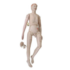 XC-401A-1, New Style High Quality Nurse Training Doll (Male), XC-401A-1 New Style High Quality Nurse Training Doll Male, New Style Nurse Training Doll (Male), elitetradebd, XC-BLS, XC-BLS Basic life support, BLS manikin (CPR & AED simulator) AED monitor, XC-101, XC-101 Life size skeleton (180 cm) with stand, XC-101 A, XC-101 A Skeleton (180 cm) Muscles & Ligaments, XC-101 E, XC-101 E Skeleton (180 cm) Flexible, XC-101 F, XC-101 F Flexible Skeleton with Ligaments, XC-102, XC-102 Skeleton (85 cm), XC-102 A, XC-102 A Skeleton (85 cm) with Spinal Nerves, XC-102 B, XC-102 B Skeleton (85 cm) with Spinal Nerves & Blood Vessel, XC-102 C, XC-102 C Skeleton (85 cm) with Painted Muscles, XC-102 CN, XC-102 CN Skeleton (85 cm) with Painted Muscles, XC-103, XC-103 Mini Skeleton, XC-104, XC-104 Life size Skull, XC-104 B, XC-104 B Life size Skull Painted, XC-104 C, XC-104 C Life size Skull colored bones, XC-104 D, XC-104 D Deluxe Life size Skull (Style D), XC-104 E, XC-104 E Skull with 8 parts Brain, XC-105, XC-105 Life size Vertebrae Column with Pelvis, XC-105 A, XC-105 A Vertebrae Column with Pelvis & Painted Muscles, XC-105 AN, XC-105 AN Vertebrae Column with Pelvis & Numbered Painted Muscles, XC-105 C, XC-105 C Didactic Flexible Vertebrae Column with Pelvis, XC-106, XC-106 Miniature Plastic Skull, XC-107, XC-107 Life size Vertebral column, XC-107 A, XC-107 A Vertebral column with painted muscles, XC-107 C, XC-107 C Didactic Vertebral column, XC-107 D, XC-107 D Vertebral column disarticulate model, XC-109, XC-109 Life size shoulder joint, XC-109 A, XC-109 A Life size muscled Shoulder joint, XC-110, XC-110 Life size Hip Joint, XC-111, XC-111 Life size Knee Joint, XC-112, XC-112 Life size Elbow Joint, XC-113, XC-113 Life size foot Joint, XC-113 A, XC-113 A Life size foot Joint with Ligaments, XC-114 Life size hand Joint, XC-114 A, XC-114 A Life size hand Joint with Ligaments, XC-115, XC-115 Life size pelvis with 5 pcs Lumber Vertebrae, XC-115 A, XC-115 A Half size pelvis with 5 pcs Lumber Vertebrae, XC-116, XC-116 Lumber set 2 Pcs, XC-117, XC-117 Lumber set 3 Pcs, XC-118, XC-118 Lumber set 4 Pcs, XC-119, XC-119 Life size lumber Vertebrae with sacrum & Coccyx & Herniated, XC-119 A, XC-119 A Mini Lumber Vertebrae with Sacrum & Coccyx & Herniated Disc, XC-120, XC-120 Thoracic Spinal Column, XC-121, XC-121 Life size Upper Extremity, XC-122, XC-122 Life size lower Extremity, XC-123, XC-123 Adult male Pelvis, XC-124, XC-124 Adult Female Pelvis, XC-125, XC-125 Female Pelvic Muscles & Organs, XC-126, XC-126 Life size vertebral clumn with pelvis & Femur head, XC-126A, XC-126A vertebral clumn with pelvis & Femur heads & Painted Muscies, XC-126AN, XC-126AN vertebral clumn with pelvis & Femur heads and numbered Painted Muscies, XC-126 C, XC-126 C Didactic vertebral clumn with pelvis & Femur head, XC-126 D, XC-126 D Flexible vertebral with removable Pelvis & Femur, XC-127, XC-127 Birth Demonstration, XC-128, XC-128 Life size pelvis with 2 Pcs Lumber Vertebrae, XC-130, XC-130 Disarticulated Skeleton with Skull, XC-133, XC-133 Cervical Vertebral Clumn with Nack Artery, XC-134, XC-134 Cutaway Osteoporosis, XC-135, XC-135 Skull with CervicalmSpine, XC-135 E, XC-135 E Skull with Brain and Cervical Spain 8 Parts, XC-201, XC-201 Male Torso (85 cm) 19 Parts, XC-202 A, XC-202 A Male Torso (42 cm) 13 Parts, XC-203, XC-203 Torso (26 cm) 15 Parts, XC-204, XC-204 Unisex Torso (85 cm) 23 Parts, XC-205, XC-205 Unisex Torso (45 cm) 23 Parts, XC-206, XC-206 Sexless Torso (85 cm) 20 Parts, XC-207, XC-207 Sexless Torso (42 cm) 18 Parts, XC-208, XC-208 Unisex Torso (85 cm) 40 Parts, XC-209, XC-209 Unisex Torso (85 cm) 20 Parts, XC-210, XC-210 Unisex Torso (85 cm) 30 Parts, XC-301, XC-301 Magnified Human Lartnx, XC-302, XC-302 Magnified Pulmonary Alveoli, XC-303 A, XC-303 A Giant Ear, XC-303 B, XC-303 B Middle Ear, XC-303 C, XC-303 C New Style Giant Ear, XC-303 D, XC-303 D Desktop Ear, XC-304, XC-304 Brain, XC-304 A, XC-304 A New Style Brain, XC-304 B, XC-304 B Brain, XC-305, XC-305 Expansion of Human Teeth, XC-306, XC-306 Stomach, XC-307, XC-307 Jumbo Heart, XC-307 A, XC-307 A Life size Heart, XC-307 B, XC-307 B New style life size heart, XC-307C, XC-307C New style Jumbo Heart, XC-307 D, XC-307 D Middle Heart, XC-308, XC-308 Brain with Arteries, XC-308 A, XC-308 A Brain with Arterial, XC-308 D, XC-308 D Brain with Arterial 9 Parts, XC-309, XC-309 Anatomy Nasal Cavity, XC-310-1, XC-310-1 Kidney, XC-310-2, XC-310-2 Kidney 2 Parts, XC-310-3, XC-310-3 Kidney with Adrenal Gland, XC-310-4, XC-310-4 Enlarged Kidney, XC-311, XC-311 Liver, Pancreas & Duodenum, XC-312, XC-312 Liver, XC-313, XC-313 Enlarge Skin, XC-313-2, XC-313-2 Skin Block, XC-313-3, XC-313-3 Skin Section, XC-315, XC-315 Digestive System, XC-316, XC-316 Giant Eye, XC-316 A, XC-316 A Giant Eye A, XC-316 B, XC-316 B Eye with Orbit, XC-317, XC-317 Expansion of Urinary Bladder, XC-318, XC-318 Brain with Arteries on Head, XC-318 B, XC-318 B Head with Brain, XC-319, XC-319 Median section of the Head, XC-319 A, XC-319 A Frontal Section & Median Section of the Head, XC-319 B, XC-319 B Frontal section of Head, XC-320, XC-320 Larynx, Heart & Lung, XC-321, XC-321 Lung, XC-321 B, XC-321 B Lung, XC-322, XC-322 Circulatory system, XC-324, XC-324 The Head, XC-325, XC-325 Plam Anatomy, XC-326, XC-326 Normal Flat & Arched Foot, XC-330, XC-330 Transparent Lung Segment, XC-331, XC-331 Male Urogenital system, XC-331 A, XC-331 A Human male Pelvis section Part 1, XC-331 B, XC-331 B Human male Pelvis section Part 2, XC-331 C, XC-331 C Advanced Male internal & external Gental Organs, XC-331 D, XC-331 D Male Gental Organ, XC-332, XC-332 Female Urogenital System, XC-332 A, XC-332 A Female Pelvis section 1 Part, XC-332 B, XC-332 B Female Pelvis section 4 Parts, XC-332 B-1, XC-332 B-1Female Pelvis section 2 Part2, XC-332 C, XC-332 C Advanced Female internal & external Gental Organ, XC-332 D, XC-332 D Female Pelvis, XC-333, XC-333 Urinary system, XC-334, XC-334 Human (80 cm) Muscles Male (27 Parts), XC-335, XC-335 Human Muscles 50 cm 1 Part, XC-336, XC-336 Muscles of human Arm 7 parts, XC-337, XC-337 Muscles of Lower Limb 13 Parts, XC-338, XC-338 Life size human Muscle foot (7 parts), XC-401, XC 401Multifunctional patient care Manikin, XC-401 A, XC-401 A High quality Nurse Trainning Doll (Male), XC-401 A-1, XC-401 A-1 New style High quality Nurse Trainning Doll (Male), XC-401 A-2, XC-401 A-2 Advanced Nurse Trainning Doll (with BP Trainning Arm Male), XC-401 B, XC-401 B High quality Nurse Trainning Doll (Female), XC-401 B-1, XC-401 B-1 New style High quality Nurse Trainning Doll (Female), XC-401 B-2, XC-401 B-2 Advanced Nurse trainning doll (with BP Trainning Arm Female), XC-401 C, XC-401 C Advanced Multifunctional Nursing Trainning Doll, XC-401 D, XC-401 D Advanced Trauma Simulator, XC-401 D-1, XC-401 D-1 Advance Trauma Accessories, XC-401 M, XC-401 M Multifunctional patient care Manikin (Male), XC-402, XC-402 Course of delivery, XC-402 A, XC-402 A Advanced Course of delivery, XC-402 A-1, XC-402 A-1 Delivery Machine, XC-403, XC-403 Dental Care (28 teeth), XC-403 A, XC-403 A Dental Care (32 teeth), XC-403 B, XC-403 B Small Dental Care (28 teeth), XC-403 C, XC-403 C Small Dental Care (32 teeth), XC-403 D, XC-403 D Dental Care with Cheek, XC-404, XC-404 Basic CPR Trainning (half Body), XC-404 A, XC-404 A Half body CPR Trainninf (male), XC-404 B, XC-404 B Half body CPR Trainninf (Female), XC-405, XC-405 Nurse Basic Practice Teaching 5 parts, XC-405 A, XC-405 A Simple male Urethral catheterization simulator, XC-405 B, XC-405 B Simple Female Urethral catheterization simulator, XC-405-2, XC-405-2 Transparent gastric lavage model, XC-406-1, XC-406-1 Whole body basic CPR Manikin style 100 (Male/Female), XC-406-2, XC-406-2 Whole body basic CPR Manikin style 200 (Male/Female), XC-406-5, XC-406-5 Whole body basic CPR Manikin style 500 (Male/Female), XC-406-5 Plus, XC-406-5 Plus New style CPR Trainning Manikin, XC-406A 5 Plus, XC-406A 5 Plus Whole advanced CPR Manikin style 500 (Female), XC-407, XC-407 Human Trachea Intubation, XC-407 A, XC-407 A Advanced Human Trachea Intubation, XC-408, XC-408 Electronic Urinary, XC-408 C, XC-408 C Advanced male Urethral Catheterization simulator, XC-408 D, XC-408 D Advanced female Urethral Catheterization simulator, XC-408 E, XC-408 E Transparant male Urethral Catheterization simulator, XC-408 F, XC-408 F Transparent female Urethral Catheterization simulator, XC-409, XC-409 New Born baby, XC-409 A, XC-409 A New style New Born baby, XC-409A-1, XC-409A-1 New style New Born baby model (Girl), XC-409 B, XC-409 B Advanced New Born care, XC-409 C, XC-409 C Advanced neonate Umbilical cord, XC-409 C-1, XC-409 C-1 Umbilical Cord, XC-409 D, XC-409 D Tracheostomy care infant, XC-409 E, XC-409 E Neonate scalp venipuncture, XC-410, XC-410 New born Intubation, XC-410 A, XC-410 A Infant Intubation trainning, XC-411, XC-411 Gynecological Trainning simulator, XC-412, XC-412 Advanced maternity, XC-414, XC-414 Development process for ferus, XC-414 A, XC-414 A The development process for ferus (half size), XC-416, XC-416 New born CPR Trainning manikin, XC-417, XC-417 Conception Guidance, XC-417 A, XC-417 A Female Contraception Guidance, XC-417 B, XC-417 B Male Condom Simulator (Transparent Base), XC-418, XC-418 Breast Examination, XC-418 B, XC-418 B Lactation Trainning model, Xincheng Scientific Industries Co., Ltd, Xincheng Scientific Model, Xincheng Scientific Human model, Xincheng Scientific Human body models, Models, Charts, Human body charts, China Models, China Chart, XC-BLS price in bd, XC-BLS Basic life support price in bd, BLS manikin (CPR & AED simulator) AED monitor price in bd, XC-101 price in bd, XC-101 Life size skeleton (180 cm) with stand price in bd, XC-101 A price in bd, XC-101 A Skeleton (180 cm) Muscles & Ligaments price in bd, XC-101 E price in bd, XC-101 E Skeleton (180 cm) Flexible price in bd, XC-101 F price in bd, XC-101 F Flexible Skeleton with Ligaments price in bd, XC-102 price in bd, XC-102 Skeleton (85 cm) price in bd, XC-102 A price in bd, XC-102 A Skeleton (85 cm) with Spinal Nerves price in bd, XC-102 B price in bd, XC-102 B Skeleton (85 cm) with Spinal Nerves & Blood Vessel price in bd, XC-102 C price in bd, XC-102 C Skeleton (85 cm) with Painted Muscles price in bd, XC-102 CN price in bd, XC-102 CN Skeleton (85 cm) with Painted Muscles price in bd, XC-103 price in bd, XC-103 Mini Skeleton price in bd, XC-104 price in bd, XC-104 Life size Skull price in bd, XC-104 B price in bd, XC-104 B Life size Skull Painted price in bd, XC-104 C price in bd, XC-104 C Life size Skull colored bones price in bd, XC-104 D price in bd, XC-104 D Deluxe Life size Skull (Style D) price in bd, XC-104 E price in bd, XC-104 E Skull with 8 parts Brain price in bd, XC-105 price in bd, XC-105 Life size Vertebrae Column with Pelvis price in bd, XC-105 A price in bd, XC-105 A Vertebrae Column with Pelvis & Painted Muscles price in bd, XC-105 AN price in bd, XC-105 AN Vertebrae Column with Pelvis & Numbered Painted Muscles price in bd, XC-105 C price in bd, XC-105 C Didactic Flexible Vertebrae Column with Pelvis price in bd, XC-106 price in bd, XC-106 Miniature Plastic Skull price in bd, XC-107 price in bd, XC-107 Life size Vertebral column price in bd, XC-107 A price in bd, XC-107 A Vertebral column with painted muscles price in bd, XC-107 C price in bd, XC-107 C Didactic Vertebral column price in bd, XC-107 D price in bd, XC-107 D Vertebral column disarticulate model price in bd, XC-109 price in bd, XC-109 Life size shoulder joint price in bd, XC-109 A price in bd, XC-109 A Life size muscled Shoulder joint price in bd, XC-110 price in bd, XC-110 Life size Hip Joint price in bd, XC-111 price in bd, XC-111 Life size Knee Joint price in bd, XC-112 price in bd, XC-112 Life size Elbow Joint price in bd, XC-113 price in bd, XC-113 Life size foot Joint price in bd, XC-113 A price in bd, XC-113 A Life size foot Joint with Ligaments price in bd, XC-114 Life size hand Joint price in bd, XC-114 A price in bd, XC-114 A Life size hand Joint with Ligaments price in bd, XC-115 price in bd, XC-115 Life size pelvis with 5 pcs Lumber Vertebrae price in bd, XC-115 A price in bd, XC-115 A Half size pelvis with 5 pcs Lumber Vertebrae price in bd, XC-116 price in bd, XC-116 Lumber set 2 Pcs price in bd, XC-117 price in bd, XC-117 Lumber set 3 Pcs price in bd, XC-118 price in bd, XC-118 Lumber set 4 Pcs price in bd, XC-119 price in bd, XC-119 Life size lumber Vertebrae with sacrum & Coccyx & Herniated price in bd, XC-119 A price in bd, XC-119 A Mini Lumber Vertebrae with Sacrum & Coccyx & Herniated Disc price in bd, XC-120 price in bd, XC-120 Thoracic Spinal Column price in bd, XC-121 price in bd, XC-121 Life size Upper Extremity price in bd, XC-122 price in bd, XC-122 Life size lower Extremity price in bd, XC-123 price in bd, XC-123 Adult male Pelvis price in bd, XC-124 price in bd, XC-124 Adult Female Pelvis price in bd, XC-125 price in bd, XC-125 Female Pelvic Muscles & Organs price in bd, XC-126 price in bd, XC-126 Life size vertebral clumn with pelvis & Femur head price in bd, XC-126A price in bd, XC-126A vertebral clumn with pelvis & Femur heads & Painted Muscies price in bd, XC-126AN price in bd, XC-126AN vertebral clumn with pelvis & Femur heads and numbered Painted Muscies price in bd, XC-126 C price in bd, XC-126 C Didactic vertebral clumn with pelvis & Femur head price in bd, XC-126 D price in bd, XC-126 D Flexible vertebral with removable Pelvis & Femur price in bd, XC-127 price in bd, XC-127 Birth Demonstration price in bd, XC-128 price in bd, XC-128 Life size pelvis with 2 Pcs Lumber Vertebrae price in bd, XC-130 price in bd, XC-130 Disarticulated Skeleton with Skull price in bd, XC-133 price in bd, XC-133 Cervical Vertebral Clumn with Nack Artery price in bd, XC-134 price in bd, XC-134 Cutaway Osteoporosis price in bd, XC-135 price in bd, XC-135 Skull with CervicalmSpine price in bd, XC-135 E price in bd, XC-135 E Skull with Brain and Cervical Spain 8 Parts price in bd, XC-201 price in bd, XC-201 Male Torso (85 cm) 19 Parts price in bd, XC-202 A price in bd, XC-202 A Male Torso (42 cm) 13 Parts price in bd, XC-203 price in bd, XC-203 Torso (26 cm) 15 Parts price in bd, XC-204 price in bd, XC-204 Unisex Torso (85 cm) 23 Parts price in bd, XC-205 price in bd, XC-205 Unisex Torso (45 cm) 23 Parts price in bd, XC-206 price in bd, XC-206 Sexless Torso (85 cm) 20 Parts price in bd, XC-207 price in bd, XC-207 Sexless Torso (42 cm) 18 Parts price in bd, XC-208 price in bd, XC-208 Unisex Torso (85 cm) 40 Parts price in bd, XC-209 price in bd, XC-209 Unisex Torso (85 cm) 20 Parts price in bd, XC-210 price in bd, XC-210 Unisex Torso (85 cm) 30 Parts price in bd, XC-301 price in bd, XC-301 Magnified Human Lartnx price in bd, XC-302 price in bd, XC-302 Magnified Pulmonary Alveoli price in bd, XC-303 A price in bd, XC-303 A Giant Ear price in bd, XC-303 B price in bd, XC-303 B Middle Ear price in bd, XC-303 C price in bd, XC-303 C New Style Giant Ear price in bd, XC-303 D price in bd, XC-303 D Desktop Ear price in bd, XC-304 price in bd, XC-304 Brain price in bd, XC-304 A price in bd, XC-304 A New Style Brain price in bd, XC-304 B price in bd, XC-304 B Brain price in bd, XC-305 price in bd, XC-305 Expansion of Human Teeth price in bd, XC-306 price in bd, XC-306 Stomach price in bd, XC-307 price in bd, XC-307 Jumbo Heart price in bd, XC-307 A price in bd, XC-307 A Life size Heart price in bd, XC-307 B price in bd, XC-307 B New style life size heart price in bd, XC-307C price in bd, XC-307C New style Jumbo Heart price in bd, XC-307 D price in bd, XC-307 D Middle Heart price in bd, XC-308 price in bd, XC-308 Brain with Arteries price in bd, XC-308 A price in bd, XC-308 A Brain with Arterial price in bd, XC-308 D price in bd, XC-308 D Brain with Arterial 9 Parts price in bd, XC-309 price in bd, XC-309 Anatomy Nasal Cavity price in bd, XC-310-1 price in bd, XC-310-1 Kidney price in bd, XC-310-2 price in bd, XC-310-2 Kidney 2 Parts price in bd, XC-310-3 price in bd, XC-310-3 Kidney with Adrenal Gland price in bd, XC-310-4 price in bd, XC-310-4 Enlarged Kidney price in bd, XC-311 price in bd, XC-311 Liver price in bd, Pancreas & Duodenum price in bd, XC-312 price in bd, XC-312 Liver price in bd, XC-313 price in bd, XC-313 Enlarge Skin price in bd, XC-313-2 price in bd, XC-313-2 Skin Block price in bd, XC-313-3 price in bd, XC-313-3 Skin Section price in bd, XC-315 price in bd, XC-315 Digestive System price in bd, XC-316 price in bd, XC-316 Giant Eye price in bd, XC-316 A price in bd, XC-316 A Giant Eye A price in bd, XC-316 B price in bd, XC-316 B Eye with Orbit price in bd, XC-317 price in bd, XC-317 Expansion of Urinary Bladder price in bd, XC-318 price in bd, XC-318 Brain with Arteries on Head price in bd, XC-318 B price in bd, XC-318 B Head with Brain price in bd, XC-319 price in bd, XC-319 Median section of the Head price in bd, XC-319 A price in bd, XC-319 A Frontal Section & Median Section of the Head price in bd, XC-319 B price in bd, XC-319 B Frontal section of Head price in bd, XC-320 price in bd, XC-320 Larynx price in bd, Heart & Lung price in bd, XC-321 price in bd, XC-321 Lung price in bd, XC-321 B price in bd, XC-321 B Lung price in bd, XC-322 price in bd, XC-322 Circulatory system price in bd, XC-324 price in bd, XC-324 The Head price in bd, XC-325 price in bd, XC-325 Plam Anatomy price in bd, XC-326 price in bd, XC-326 Normal Flat & Arched Foot price in bd, XC-330 price in bd, XC-330 Transparent Lung Segment price in bd, XC-331 price in bd, XC-331 Male Urogenital system price in bd, XC-331 A price in bd, XC-331 A Human male Pelvis section Part 1 price in bd, XC-331 B price in bd, XC-331 B Human male Pelvis section Part 2 price in bd, XC-331 C price in bd, XC-331 C Advanced Male internal & external Gental Organs price in bd, XC-331 D price in bd, XC-331 D Male Gental Organ price in bd, XC-332 price in bd, XC-332 Female Urogenital System price in bd, XC-332 A price in bd, XC-332 A Female Pelvis section 1 Part price in bd, XC-332 B price in bd, XC-332 B Female Pelvis section 4 Parts price in bd, XC-332 B-1 price in bd, XC-332 B-1Female Pelvis section 2 Part2 price in bd, XC-332 C price in bd, XC-332 C Advanced Female internal & external Gental Organ price in bd, XC-332 D price in bd, XC-332 D Female Pelvis price in bd, XC-333 price in bd, XC-333 Urinary system price in bd, XC-334 price in bd, XC-334 Human (80 cm) Muscles Male (27 Parts) price in bd, XC-335 price in bd, XC-335 Human Muscles 50 cm 1 Part price in bd, XC-336 price in bd, XC-336 Muscles of human Arm 7 parts price in bd, XC-337 price in bd, XC-337 Muscles of Lower Limb 13 Parts price in bd, XC-338 price in bd, XC-338 Life size human Muscle foot (7 parts) price in bd, XC-401 price in bd, XC 401Multifunctional patient care Manikin price in bd, XC-401 A price in bd, XC-401 A High quality Nurse Trainning Doll (Male) price in bd, XC-401 A-1 price in bd, XC-401 A-1 New style High quality Nurse Trainning Doll (Male) price in bd, XC-401 A-2 price in bd, XC-401 A-2 Advanced Nurse Trainning Doll (with BP Trainning Arm Male) price in bd, XC-401 B price in bd, XC-401 B High quality Nurse Trainning Doll (Female) price in bd, XC-401 B-1 price in bd, XC-401 B-1 New style High quality Nurse Trainning Doll (Female) price in bd, XC-401 B-2 price in bd, XC-401 B-2 Advanced Nurse trainning doll (with BP Trainning Arm Female) price in bd, XC-401 C price in bd, XC-401 C Advanced Multifunctional Nursing Trainning Doll price in bd, XC-401 D price in bd, XC-401 D Advanced Trauma Simulator price in bd, XC-401 D-1 price in bd, XC-401 D-1 Advance Trauma Accessories price in bd, XC-401 M price in bd, XC-401 M Multifunctional patient care Manikin (Male) price in bd, XC-402 price in bd, XC-402 Course of delivery price in bd, XC-402 A price in bd, XC-402 A Advanced Course of delivery price in bd, XC-402 A-1 price in bd, XC-402 A-1 Delivery Machine price in bd, XC-403 price in bd, XC-403 Dental Care (28 teeth) price in bd, XC-403 A price in bd, XC-403 A Dental Care (32 teeth) price in bd, XC-403 B price in bd, XC-403 B Small Dental Care (28 teeth) price in bd, XC-403 C price in bd, XC-403 C Small Dental Care (32 teeth) price in bd, XC-403 D price in bd, XC-403 D Dental Care with Cheek price in bd, XC-404 price in bd, XC-404 Basic CPR Trainning (half Body) price in bd, XC-404 A price in bd, XC-404 A Half body CPR Trainninf (male) price in bd, XC-404 B price in bd, XC-404 B Half body CPR Trainninf (Female) price in bd, XC-405 price in bd, XC-405 Nurse Basic Practice Teaching 5 parts price in bd, XC-405 A price in bd, XC-405 A Simple male Urethral catheterization simulator price in bd, XC-405 B price in bd, XC-405 B Simple Female Urethral catheterization simulator price in bd, XC-405-2 price in bd, XC-405-2 Transparent gastric lavage model price in bd, XC-406-1 price in bd, XC-406-1 Whole body basic CPR Manikin style 100 (Male/Female) price in bd, XC-406-2 price in bd, XC-406-2 Whole body basic CPR Manikin style 200 (Male/Female) price in bd, XC-406-5 price in bd, XC-406-5 Whole body basic CPR Manikin style 500 (Male/Female) price in bd, XC-406-5 Plus price in bd, XC-406-5 Plus New style CPR Trainning Manikin price in bd, XC-406A 5 Plus price in bd, XC-406A 5 Plus Whole advanced CPR Manikin style 500 (Female) price in bd, XC-407 price in bd, XC-407 Human Trachea Intubation price in bd, XC-407 A price in bd, XC-407 A Advanced Human Trachea Intubation price in bd, XC-408 price in bd, XC-408 Electronic Urinary price in bd, XC-408 C price in bd, XC-408 C Advanced male Urethral Catheterization simulator price in bd, XC-408 D price in bd, XC-408 D Advanced female Urethral Catheterization simulator price in bd, XC-408 E price in bd, XC-408 E Transparant male Urethral Catheterization simulator price in bd, XC-408 F price in bd, XC-408 F Transparent female Urethral Catheterization simulator price in bd, XC-409 price in bd, XC-409 New Born baby price in bd, XC-409 A price in bd, XC-409 A New style New Born baby price in bd, XC-409A-1 price in bd, XC-409A-1 New style New Born baby model (Girl) price in bd, XC-409 B price in bd, XC-409 B Advanced New Born care price in bd, XC-409 C price in bd, XC-409 C Advanced neonate Umbilical cord price in bd, XC-409 C-1 price in bd, XC-409 C-1 Umbilical Cord price in bd, XC-409 D price in bd, XC-409 D Tracheostomy care infant price in bd, XC-409 E price in bd, XC-409 E Neonate scalp venipuncture price in bd, XC-410 price in bd, XC-410 New born Intubation price in bd, XC-410 A price in bd, XC-410 A Infant Intubation trainning price in bd, XC-411 price in bd, XC-411 Gynecological Trainning simulator price in bd, XC-412 price in bd, XC-412 Advanced maternity price in bd, XC-414 price in bd, XC-414 Development process for ferus price in bd, XC-414 A price in bd, XC-414 A The development process for ferus (half size) price in bd, XC-416 price in bd, XC-416 New born CPR Trainning manikin price in bd, XC-417 price in bd, XC-417 Conception Guidance price in bd, XC-417 A price in bd, XC-417 A Female Contraception Guidance price in bd, XC-417 B price in bd, XC-417 B Male Condom Simulator (Transparent Base) price in bd, XC-418 price in bd, XC-418 Breast Examination price in bd, XC-418 B price in bd, XC-418 B Lactation Trainning model price in bd, XC-BLS saler in bd, XC-BLS Basic life support saler in bd, BLS manikin (CPR & AED simulator) AED monitor saler in bd, XC-101 saler in bd, XC-101 Life size skeleton (180 cm) with stand saler in bd, XC-101 A saler in bd, XC-101 A Skeleton (180 cm) Muscles & Ligaments saler in bd, XC-101 E saler in bd, XC-101 E Skeleton (180 cm) Flexible saler in bd, XC-101 F saler in bd, XC-101 F Flexible Skeleton with Ligaments saler in bd, XC-102 saler in bd, XC-102 Skeleton (85 cm) saler in bd, XC-102 A saler in bd, XC-102 A Skeleton (85 cm) with Spinal Nerves saler in bd, XC-102 B saler in bd, XC-102 B Skeleton (85 cm) with Spinal Nerves & Blood Vessel saler in bd, XC-102 C saler in bd, XC-102 C Skeleton (85 cm) with Painted Muscles saler in bd, XC-102 CN saler in bd, XC-102 CN Skeleton (85 cm) with Painted Muscles saler in bd, XC-103 saler in bd, XC-103 Mini Skeleton saler in bd, XC-104 saler in bd, XC-104 Life size Skull saler in bd, XC-104 B saler in bd, XC-104 B Life size Skull Painted saler in bd, XC-104 C saler in bd, XC-104 C Life size Skull colored bones saler in bd, XC-104 D saler in bd, XC-104 D Deluxe Life size Skull (Style D) saler in bd, XC-104 E saler in bd, XC-104 E Skull with 8 parts Brain saler in bd, XC-105 saler in bd, XC-105 Life size Vertebrae Column with Pelvis saler in bd, XC-105 A saler in bd, XC-105 A Vertebrae Column with Pelvis & Painted Muscles saler in bd, XC-105 AN saler in bd, XC-105 AN Vertebrae Column with Pelvis & Numbered Painted Muscles saler in bd, XC-105 C saler in bd, XC-105 C Didactic Flexible Vertebrae Column with Pelvis saler in bd, XC-106 saler in bd, XC-106 Miniature Plastic Skull saler in bd, XC-107 saler in bd, XC-107 Life size Vertebral column saler in bd, XC-107 A saler in bd, XC-107 A Vertebral column with painted muscles saler in bd, XC-107 C saler in bd, XC-107 C Didactic Vertebral column saler in bd, XC-107 D saler in bd, XC-107 D Vertebral column disarticulate model saler in bd, XC-109 saler in bd, XC-109 Life size shoulder joint saler in bd, XC-109 A saler in bd, XC-109 A Life size muscled Shoulder joint saler in bd, XC-110 saler in bd, XC-110 Life size Hip Joint saler in bd, XC-111 saler in bd, XC-111 Life size Knee Joint saler in bd, XC-112 saler in bd, XC-112 Life size Elbow Joint saler in bd, XC-113 saler in bd, XC-113 Life size foot Joint saler in bd, XC-113 A saler in bd, XC-113 A Life size foot Joint with Ligaments saler in bd, XC-114 Life size hand Joint saler in bd, XC-114 A saler in bd, XC-114 A Life size hand Joint with Ligaments saler in bd, XC-115 saler in bd, XC-115 Life size pelvis with 5 pcs Lumber Vertebrae saler in bd, XC-115 A saler in bd, XC-115 A Half size pelvis with 5 pcs Lumber Vertebrae saler in bd, XC-116 saler in bd, XC-116 Lumber set 2 Pcs saler in bd, XC-117 saler in bd, XC-117 Lumber set 3 Pcs saler in bd, XC-118 saler in bd, XC-118 Lumber set 4 Pcs saler in bd, XC-119 saler in bd, XC-119 Life size lumber Vertebrae with sacrum & Coccyx & Herniated saler in bd, XC-119 A saler in bd, XC-119 A Mini Lumber Vertebrae with Sacrum & Coccyx & Herniated Disc saler in bd, XC-120 saler in bd, XC-120 Thoracic Spinal Column saler in bd, XC-121 saler in bd, XC-121 Life size Upper Extremity saler in bd, XC-122 saler in bd, XC-122 Life size lower Extremity saler in bd, XC-123 saler in bd, XC-123 Adult male Pelvis saler in bd, XC-124 saler in bd, XC-124 Adult Female Pelvis saler in bd, XC-125 saler in bd, XC-125 Female Pelvic Muscles & Organs saler in bd, XC-126 saler in bd, XC-126 Life size vertebral clumn with pelvis & Femur head saler in bd, XC-126A saler in bd, XC-126A vertebral clumn with pelvis & Femur heads & Painted Muscies saler in bd, XC-126AN saler in bd, XC-126AN vertebral clumn with pelvis & Femur heads and numbered Painted Muscies saler in bd, XC-126 C saler in bd, XC-126 C Didactic vertebral clumn with pelvis & Femur head saler in bd, XC-126 D saler in bd, XC-126 D Flexible vertebral with removable Pelvis & Femur saler in bd, XC-127 saler in bd, XC-127 Birth Demonstration saler in bd, XC-128 saler in bd, XC-128 Life size pelvis with 2 Pcs Lumber Vertebrae saler in bd, XC-130 saler in bd, XC-130 Disarticulated Skeleton with Skull saler in bd, XC-133 saler in bd, XC-133 Cervical Vertebral Clumn with Nack Artery saler in bd, XC-134 saler in bd, XC-134 Cutaway Osteoporosis saler in bd, XC-135 saler in bd, XC-135 Skull with CervicalmSpine saler in bd, XC-135 E saler in bd, XC-135 E Skull with Brain and Cervical Spain 8 Parts saler in bd, XC-201 saler in bd, XC-201 Male Torso (85 cm) 19 Parts saler in bd, XC-202 A saler in bd, XC-202 A Male Torso (42 cm) 13 Parts saler in bd, XC-203 saler in bd, XC-203 Torso (26 cm) 15 Parts saler in bd, XC-204 saler in bd, XC-204 Unisex Torso (85 cm) 23 Parts saler in bd, XC-205 saler in bd, XC-205 Unisex Torso (45 cm) 23 Parts saler in bd, XC-206 saler in bd, XC-206 Sexless Torso (85 cm) 20 Parts saler in bd, XC-207 saler in bd, XC-207 Sexless Torso (42 cm) 18 Parts saler in bd, XC-208 saler in bd, XC-208 Unisex Torso (85 cm) 40 Parts saler in bd, XC-209 saler in bd, XC-209 Unisex Torso (85 cm) 20 Parts saler in bd, XC-210 saler in bd, XC-210 Unisex Torso (85 cm) 30 Parts saler in bd, XC-301 saler in bd, XC-301 Magnified Human Lartnx saler in bd, XC-302 saler in bd, XC-302 Magnified Pulmonary Alveoli saler in bd, XC-303 A saler in bd, XC-303 A Giant Ear saler in bd, XC-303 B saler in bd, XC-303 B Middle Ear saler in bd, XC-303 C saler in bd, XC-303 C New Style Giant Ear saler in bd, XC-303 D saler in bd, XC-303 D Desktop Ear saler in bd, XC-304 saler in bd, XC-304 Brain saler in bd, XC-304 A saler in bd, XC-304 A New Style Brain saler in bd, XC-304 B saler in bd, XC-304 B Brain saler in bd, XC-305 saler in bd, XC-305 Expansion of Human Teeth saler in bd, XC-306 saler in bd, XC-306 Stomach saler in bd, XC-307 saler in bd, XC-307 Jumbo Heart saler in bd, XC-307 A saler in bd, XC-307 A Life size Heart saler in bd, XC-307 B saler in bd, XC-307 B New style life size heart saler in bd, XC-307C saler in bd, XC-307C New style Jumbo Heart saler in bd, XC-307 D saler in bd, XC-307 D Middle Heart saler in bd, XC-308 saler in bd, XC-308 Brain with Arteries saler in bd, XC-308 A saler in bd, XC-308 A Brain with Arterial saler in bd, XC-308 D saler in bd, XC-308 D Brain with Arterial 9 Parts saler in bd, XC-309 saler in bd, XC-309 Anatomy Nasal Cavity saler in bd, XC-310-1 saler in bd, XC-310-1 Kidney saler in bd, XC-310-2 saler in bd, XC-310-2 Kidney 2 Parts saler in bd, XC-310-3 saler in bd, XC-310-3 Kidney with Adrenal Gland saler in bd, XC-310-4 saler in bd, XC-310-4 Enlarged Kidney saler in bd, XC-311 saler in bd, XC-311 Liver saler in bd, Pancreas & Duodenum saler in bd, XC-312 saler in bd, XC-312 Liver saler in bd, XC-313 saler in bd, XC-313 Enlarge Skin saler in bd, XC-313-2 saler in bd, XC-313-2 Skin Block saler in bd, XC-313-3 saler in bd, XC-313-3 Skin Section saler in bd, XC-315 saler in bd, XC-315 Digestive System saler in bd, XC-316 saler in bd, XC-316 Giant Eye saler in bd, XC-316 A saler in bd, XC-316 A Giant Eye A saler in bd, XC-316 B saler in bd, XC-316 B Eye with Orbit saler in bd, XC-317 saler in bd, XC-317 Expansion of Urinary Bladder saler in bd, XC-318 saler in bd, XC-318 Brain with Arteries on Head saler in bd, XC-318 B saler in bd, XC-318 B Head with Brain saler in bd, XC-319 saler in bd, XC-319 Median section of the Head saler in bd, XC-319 A saler in bd, XC-319 A Frontal Section & Median Section of the Head saler in bd, XC-319 B saler in bd, XC-319 B Frontal section of Head saler in bd, XC-320 saler in bd, XC-320 Larynx saler in bd, Heart & Lung saler in bd, XC-321 saler in bd, XC-321 Lung saler in bd, XC-321 B saler in bd, XC-321 B Lung saler in bd, XC-322 saler in bd, XC-322 Circulatory system saler in bd, XC-324 saler in bd, XC-324 The Head saler in bd, XC-325 saler in bd, XC-325 Plam Anatomy saler in bd, XC-326 saler in bd, XC-326 Normal Flat & Arched Foot saler in bd, XC-330 saler in bd, XC-330 Transparent Lung Segment saler in bd, XC-331 saler in bd, XC-331 Male Urogenital system saler in bd, XC-331 A saler in bd, XC-331 A Human male Pelvis section Part 1 saler in bd, XC-331 B saler in bd, XC-331 B Human male Pelvis section Part 2 saler in bd, XC-331 C saler in bd, XC-331 C Advanced Male internal & external Gental Organs saler in bd, XC-331 D saler in bd, XC-331 D Male Gental Organ saler in bd, XC-332 saler in bd, XC-332 Female Urogenital System saler in bd, XC-332 A saler in bd, XC-332 A Female Pelvis section 1 Part saler in bd, XC-332 B saler in bd, XC-332 B Female Pelvis section 4 Parts saler in bd, XC-332 B-1 saler in bd, XC-332 B-1Female Pelvis section 2 Part2 saler in bd, XC-332 C saler in bd, XC-332 C Advanced Female internal & external Gental Organ saler in bd, XC-332 D saler in bd, XC-332 D Female Pelvis saler in bd, XC-333 saler in bd, XC-333 Urinary system saler in bd, XC-334 saler in bd, XC-334 Human (80 cm) Muscles Male (27 Parts) saler in bd, XC-335 saler in bd, XC-335 Human Muscles 50 cm 1 Part saler in bd, XC-336 saler in bd, XC-336 Muscles of human Arm 7 parts saler in bd, XC-337 saler in bd, XC-337 Muscles of Lower Limb 13 Parts saler in bd, XC-338 saler in bd, XC-338 Life size human Muscle foot (7 parts) saler in bd, XC-401 saler in bd, XC 401Multifunctional patient care Manikin saler in bd, XC-401 A saler in bd, XC-401 A High quality Nurse Trainning Doll (Male) saler in bd, XC-401 A-1 saler in bd, XC-401 A-1 New style High quality Nurse Trainning Doll (Male) saler in bd, XC-401 A-2 saler in bd, XC-401 A-2 Advanced Nurse Trainning Doll (with BP Trainning Arm Male) saler in bd, XC-401 B saler in bd, XC-401 B High quality Nurse Trainning Doll (Female) saler in bd, XC-401 B-1 saler in bd, XC-401 B-1 New style High quality Nurse Trainning Doll (Female) saler in bd, XC-401 B-2 saler in bd, XC-401 B-2 Advanced Nurse trainning doll (with BP Trainning Arm Female) saler in bd, XC-401 C saler in bd, XC-401 C Advanced Multifunctional Nursing Trainning Doll saler in bd, XC-401 D saler in bd, XC-401 D Advanced Trauma Simulator saler in bd, XC-401 D-1 saler in bd, XC-401 D-1 Advance Trauma Accessories saler in bd, XC-401 M saler in bd, XC-401 M Multifunctional patient care Manikin (Male) saler in bd, XC-402 saler in bd, XC-402 Course of delivery saler in bd, XC-402 A saler in bd, XC-402 A Advanced Course of delivery saler in bd, XC-402 A-1 saler in bd, XC-402 A-1 Delivery Machine saler in bd, XC-403 saler in bd, XC-403 Dental Care (28 teeth) saler in bd, XC-403 A saler in bd, XC-403 A Dental Care (32 teeth) saler in bd, XC-403 B saler in bd, XC-403 B Small Dental Care (28 teeth) saler in bd, XC-403 C saler in bd, XC-403 C Small Dental Care (32 teeth) saler in bd, XC-403 D saler in bd, XC-403 D Dental Care with Cheek saler in bd, XC-404 saler in bd, XC-404 Basic CPR Trainning (half Body) saler in bd, XC-404 A saler in bd, XC-404 A Half body CPR Trainninf (male) saler in bd, XC-404 B saler in bd, XC-404 B Half body CPR Trainninf (Female) saler in bd, XC-405 saler in bd, XC-405 Nurse Basic Practice Teaching 5 parts saler in bd, XC-405 A saler in bd, XC-405 A Simple male Urethral catheterization simulator saler in bd, XC-405 B saler in bd, XC-405 B Simple Female Urethral catheterization simulator saler in bd, XC-405-2 saler in bd, XC-405-2 Transparent gastric lavage model saler in bd, XC-406-1 saler in bd, XC-406-1 Whole body basic CPR Manikin style 100 (Male/Female) saler in bd, XC-406-2 saler in bd, XC-406-2 Whole body basic CPR Manikin style 200 (Male/Female) saler in bd, XC-406-5 saler in bd, XC-406-5 Whole body basic CPR Manikin style 500 (Male/Female) saler in bd, XC-406-5 Plus saler in bd, XC-406-5 Plus New style CPR Trainning Manikin saler in bd, XC-406A 5 Plus saler in bd, XC-406A 5 Plus Whole advanced CPR Manikin style 500 (Female) saler in bd, XC-407 saler in bd, XC-407 Human Trachea Intubation saler in bd, XC-407 A saler in bd, XC-407 A Advanced Human Trachea Intubation saler in bd, XC-408 saler in bd, XC-408 Electronic Urinary saler in bd, XC-408 C saler in bd, XC-408 C Advanced male Urethral Catheterization simulator saler in bd, XC-408 D saler in bd, XC-408 D Advanced female Urethral Catheterization simulator saler in bd, XC-408 E saler in bd, XC-408 E Transparant male Urethral Catheterization simulator saler in bd, XC-408 F saler in bd, XC-408 F Transparent female Urethral Catheterization simulator saler in bd, XC-409 saler in bd, XC-409 New Born baby saler in bd, XC-409 A saler in bd, XC-409 A New style New Born baby saler in bd, XC-409A-1 saler in bd, XC-409A-1 New style New Born baby model (Girl) saler in bd, XC-409 B saler in bd, XC-409 B Advanced New Born care saler in bd, XC-409 C saler in bd, XC-409 C Advanced neonate Umbilical cord saler in bd, XC-409 C-1 saler in bd, XC-409 C-1 Umbilical Cord saler in bd, XC-409 D saler in bd, XC-409 D Tracheostomy care infant saler in bd, XC-409 E saler in bd, XC-409 E Neonate scalp venipuncture saler in bd, XC-410 saler in bd, XC-410 New born Intubation saler in bd, XC-410 A saler in bd, XC-410 A Infant Intubation trainning saler in bd, XC-411 saler in bd, XC-411 Gynecological Trainning simulator saler in bd, XC-412 saler in bd, XC-412 Advanced maternity saler in bd, XC-414 saler in bd, XC-414 Development process for ferus saler in bd, XC-414 A saler in bd, XC-414 A The development process for ferus (half size) saler in bd, XC-416 saler in bd, XC-416 New born CPR Trainning manikin saler in bd, XC-417 saler in bd, XC-417 Conception Guidance saler in bd, XC-417 A saler in bd, XC-417 A Female Contraception Guidance saler in bd, XC-417 B saler in bd, XC-417 B Male Condom Simulator (Transparent Base) saler in bd, XC-418 saler in bd, XC-418 Breast Examination saler in bd, XC-418 B saler in bd, XC-418 B Lactation Trainning model saler in bd, XC-BLS seller in bd, XC-BLS Basic life support seller in bd, BLS manikin (CPR & AED simulator) AED monitor seller in bd, XC-101 seller in bd, XC-101 Life size skeleton (180 cm) with stand seller in bd, XC-101 A seller in bd, XC-101 A Skeleton (180 cm) Muscles & Ligaments seller in bd, XC-101 E seller in bd, XC-101 E Skeleton (180 cm) Flexible seller in bd, XC-101 F seller in bd, XC-101 F Flexible Skeleton with Ligaments seller in bd, XC-102 seller in bd, XC-102 Skeleton (85 cm) seller in bd, XC-102 A seller in bd, XC-102 A Skeleton (85 cm) with Spinal Nerves seller in bd, XC-102 B seller in bd, XC-102 B Skeleton (85 cm) with Spinal Nerves & Blood Vessel seller in bd, XC-102 C seller in bd, XC-102 C Skeleton (85 cm) with Painted Muscles seller in bd, XC-102 CN seller in bd, XC-102 CN Skeleton (85 cm) with Painted Muscles seller in bd, XC-103 seller in bd, XC-103 Mini Skeleton seller in bd, XC-104 seller in bd, XC-104 Life size Skull seller in bd, XC-104 B seller in bd, XC-104 B Life size Skull Painted seller in bd, XC-104 C seller in bd, XC-104 C Life size Skull colored bones seller in bd, XC-104 D seller in bd, XC-104 D Deluxe Life size Skull (Style D) seller in bd, XC-104 E seller in bd, XC-104 E Skull with 8 parts Brain seller in bd, XC-105 seller in bd, XC-105 Life size Vertebrae Column with Pelvis seller in bd, XC-105 A seller in bd, XC-105 A Vertebrae Column with Pelvis & Painted Muscles seller in bd, XC-105 AN seller in bd, XC-105 AN Vertebrae Column with Pelvis & Numbered Painted Muscles seller in bd, XC-105 C seller in bd, XC-105 C Didactic Flexible Vertebrae Column with Pelvis seller in bd, XC-106 seller in bd, XC-106 Miniature Plastic Skull seller in bd, XC-107 seller in bd, XC-107 Life size Vertebral column seller in bd, XC-107 A seller in bd, XC-107 A Vertebral column with painted muscles seller in bd, XC-107 C seller in bd, XC-107 C Didactic Vertebral column seller in bd, XC-107 D seller in bd, XC-107 D Vertebral column disarticulate model seller in bd, XC-109 seller in bd, XC-109 Life size shoulder joint seller in bd, XC-109 A seller in bd, XC-109 A Life size muscled Shoulder joint seller in bd, XC-110 seller in bd, XC-110 Life size Hip Joint seller in bd, XC-111 seller in bd, XC-111 Life size Knee Joint seller in bd, XC-112 seller in bd, XC-112 Life size Elbow Joint seller in bd, XC-113 seller in bd, XC-113 Life size foot Joint seller in bd, XC-113 A seller in bd, XC-113 A Life size foot Joint with Ligaments seller in bd, XC-114 Life size hand Joint seller in bd, XC-114 A seller in bd, XC-114 A Life size hand Joint with Ligaments seller in bd, XC-115 seller in bd, XC-115 Life size pelvis with 5 pcs Lumber Vertebrae seller in bd, XC-115 A seller in bd, XC-115 A Half size pelvis with 5 pcs Lumber Vertebrae seller in bd, XC-116 seller in bd, XC-116 Lumber set 2 Pcs seller in bd, XC-117 seller in bd, XC-117 Lumber set 3 Pcs seller in bd, XC-118 seller in bd, XC-118 Lumber set 4 Pcs seller in bd, XC-119 seller in bd, XC-119 Life size lumber Vertebrae with sacrum & Coccyx & Herniated seller in bd, XC-119 A seller in bd, XC-119 A Mini Lumber Vertebrae with Sacrum & Coccyx & Herniated Disc seller in bd, XC-120 seller in bd, XC-120 Thoracic Spinal Column seller in bd, XC-121 seller in bd, XC-121 Life size Upper Extremity seller in bd, XC-122 seller in bd, XC-122 Life size lower Extremity seller in bd, XC-123 seller in bd, XC-123 Adult male Pelvis seller in bd, XC-124 seller in bd, XC-124 Adult Female Pelvis seller in bd, XC-125 seller in bd, XC-125 Female Pelvic Muscles & Organs seller in bd, XC-126 seller in bd, XC-126 Life size vertebral clumn with pelvis & Femur head seller in bd, XC-126A seller in bd, XC-126A vertebral clumn with pelvis & Femur heads & Painted Muscies seller in bd, XC-126AN seller in bd, XC-126AN vertebral clumn with pelvis & Femur heads and numbered Painted Muscies seller in bd, XC-126 C seller in bd, XC-126 C Didactic vertebral clumn with pelvis & Femur head seller in bd, XC-126 D seller in bd, XC-126 D Flexible vertebral with removable Pelvis & Femur seller in bd, XC-127 seller in bd, XC-127 Birth Demonstration seller in bd, XC-128 seller in bd, XC-128 Life size pelvis with 2 Pcs Lumber Vertebrae seller in bd, XC-130 seller in bd, XC-130 Disarticulated Skeleton with Skull seller in bd, XC-133 seller in bd, XC-133 Cervical Vertebral Clumn with Nack Artery seller in bd, XC-134 seller in bd, XC-134 Cutaway Osteoporosis seller in bd, XC-135 seller in bd, XC-135 Skull with CervicalmSpine seller in bd, XC-135 E seller in bd, XC-135 E Skull with Brain and Cervical Spain 8 Parts seller in bd, XC-201 seller in bd, XC-201 Male Torso (85 cm) 19 Parts seller in bd, XC-202 A seller in bd, XC-202 A Male Torso (42 cm) 13 Parts seller in bd, XC-203 seller in bd, XC-203 Torso (26 cm) 15 Parts seller in bd, XC-204 seller in bd, XC-204 Unisex Torso (85 cm) 23 Parts seller in bd, XC-205 seller in bd, XC-205 Unisex Torso (45 cm) 23 Parts seller in bd, XC-206 seller in bd, XC-206 Sexless Torso (85 cm) 20 Parts seller in bd, XC-207 seller in bd, XC-207 Sexless Torso (42 cm) 18 Parts seller in bd, XC-208 seller in bd, XC-208 Unisex Torso (85 cm) 40 Parts seller in bd, XC-209 seller in bd, XC-209 Unisex Torso (85 cm) 20 Parts seller in bd, XC-210 seller in bd, XC-210 Unisex Torso (85 cm) 30 Parts seller in bd, XC-301 seller in bd, XC-301 Magnified Human Lartnx seller in bd, XC-302 seller in bd, XC-302 Magnified Pulmonary Alveoli seller in bd, XC-303 A seller in bd, XC-303 A Giant Ear seller in bd, XC-303 B seller in bd, XC-303 B Middle Ear seller in bd, XC-303 C seller in bd, XC-303 C New Style Giant Ear seller in bd, XC-303 D seller in bd, XC-303 D Desktop Ear seller in bd, XC-304 seller in bd, XC-304 Brain seller in bd, XC-304 A seller in bd, XC-304 A New Style Brain seller in bd, XC-304 B seller in bd, XC-304 B Brain seller in bd, XC-305 seller in bd, XC-305 Expansion of Human Teeth seller in bd, XC-306 seller in bd, XC-306 Stomach seller in bd, XC-307 seller in bd, XC-307 Jumbo Heart seller in bd, XC-307 A seller in bd, XC-307 A Life size Heart seller in bd, XC-307 B seller in bd, XC-307 B New style life size heart seller in bd, XC-307C seller in bd, XC-307C New style Jumbo Heart seller in bd, XC-307 D seller in bd, XC-307 D Middle Heart seller in bd, XC-308 seller in bd, XC-308 Brain with Arteries seller in bd, XC-308 A seller in bd, XC-308 A Brain with Arterial seller in bd, XC-308 D seller in bd, XC-308 D Brain with Arterial 9 Parts seller in bd, XC-309 seller in bd, XC-309 Anatomy Nasal Cavity seller in bd, XC-310-1 seller in bd, XC-310-1 Kidney seller in bd, XC-310-2 seller in bd, XC-310-2 Kidney 2 Parts seller in bd, XC-310-3 seller in bd, XC-310-3 Kidney with Adrenal Gland seller in bd, XC-310-4 seller in bd, XC-310-4 Enlarged Kidney seller in bd, XC-311 seller in bd, XC-311 Liver seller in bd, Pancreas & Duodenum seller in bd, XC-312 seller in bd, XC-312 Liver seller in bd, XC-313 seller in bd, XC-313 Enlarge Skin seller in bd, XC-313-2 seller in bd, XC-313-2 Skin Block seller in bd, XC-313-3 seller in bd, XC-313-3 Skin Section seller in bd, XC-315 seller in bd, XC-315 Digestive System seller in bd, XC-316 seller in bd, XC-316 Giant Eye seller in bd, XC-316 A seller in bd, XC-316 A Giant Eye A seller in bd, XC-316 B seller in bd, XC-316 B Eye with Orbit seller in bd, XC-317 seller in bd, XC-317 Expansion of Urinary Bladder seller in bd, XC-318 seller in bd, XC-318 Brain with Arteries on Head seller in bd, XC-318 B seller in bd, XC-318 B Head with Brain seller in bd, XC-319 seller in bd, XC-319 Median section of the Head seller in bd, XC-319 A seller in bd, XC-319 A Frontal Section & Median Section of the Head seller in bd, XC-319 B seller in bd, XC-319 B Frontal section of Head seller in bd, XC-320 seller in bd, XC-320 Larynx seller in bd, Heart & Lung seller in bd, XC-321 seller in bd, XC-321 Lung seller in bd, XC-321 B seller in bd, XC-321 B Lung seller in bd, XC-322 seller in bd, XC-322 Circulatory system seller in bd, XC-324 seller in bd, XC-324 The Head seller in bd, XC-325 seller in bd, XC-325 Plam Anatomy seller in bd, XC-326 seller in bd, XC-326 Normal Flat & Arched Foot seller in bd, XC-330 seller in bd, XC-330 Transparent Lung Segment seller in bd, XC-331 seller in bd, XC-331 Male Urogenital system seller in bd, XC-331 A seller in bd, XC-331 A Human male Pelvis section Part 1 seller in bd, XC-331 B seller in bd, XC-331 B Human male Pelvis section Part 2 seller in bd, XC-331 C seller in bd, XC-331 C Advanced Male internal & external Gental Organs seller in bd, XC-331 D seller in bd, XC-331 D Male Gental Organ seller in bd, XC-332 seller in bd, XC-332 Female Urogenital System seller in bd, XC-332 A seller in bd, XC-332 A Female Pelvis section 1 Part seller in bd, XC-332 B seller in bd, XC-332 B Female Pelvis section 4 Parts seller in bd, XC-332 B-1 seller in bd, XC-332 B-1Female Pelvis section 2 Part2 seller in bd, XC-332 C seller in bd, XC-332 C Advanced Female internal & external Gental Organ seller in bd, XC-332 D seller in bd, XC-332 D Female Pelvis seller in bd, XC-333 seller in bd, XC-333 Urinary system seller in bd, XC-334 seller in bd, XC-334 Human (80 cm) Muscles Male (27 Parts) seller in bd, XC-335 seller in bd, XC-335 Human Muscles 50 cm 1 Part seller in bd, XC-336 seller in bd, XC-336 Muscles of human Arm 7 parts seller in bd, XC-337 seller in bd, XC-337 Muscles of Lower Limb 13 Parts seller in bd, XC-338 seller in bd, XC-338 Life size human Muscle foot (7 parts) seller in bd, XC-401 seller in bd, XC 401Multifunctional patient care Manikin seller in bd, XC-401 A seller in bd, XC-401 A High quality Nurse Trainning Doll (Male) seller in bd, XC-401 A-1 seller in bd, XC-401 A-1 New style High quality Nurse Trainning Doll (Male) seller in bd, XC-401 A-2 seller in bd, XC-401 A-2 Advanced Nurse Trainning Doll (with BP Trainning Arm Male) seller in bd, XC-401 B seller in bd, XC-401 B High quality Nurse Trainning Doll (Female) seller in bd, XC-401 B-1 seller in bd, XC-401 B-1 New style High quality Nurse Trainning Doll (Female) seller in bd, XC-401 B-2 seller in bd, XC-401 B-2 Advanced Nurse trainning doll (with BP Trainning Arm Female) seller in bd, XC-401 C seller in bd, XC-401 C Advanced Multifunctional Nursing Trainning Doll seller in bd, XC-401 D seller in bd, XC-401 D Advanced Trauma Simulator seller in bd, XC-401 D-1 seller in bd, XC-401 D-1 Advance Trauma Accessories seller in bd, XC-401 M seller in bd, XC-401 M Multifunctional patient care Manikin (Male) seller in bd, XC-402 seller in bd, XC-402 Course of delivery seller in bd, XC-402 A seller in bd, XC-402 A Advanced Course of delivery seller in bd, XC-402 A-1 seller in bd, XC-402 A-1 Delivery Machine seller in bd, XC-403 seller in bd, XC-403 Dental Care (28 teeth) seller in bd, XC-403 A seller in bd, XC-403 A Dental Care (32 teeth) seller in bd, XC-403 B seller in bd, XC-403 B Small Dental Care (28 teeth) seller in bd, XC-403 C seller in bd, XC-403 C Small Dental Care (32 teeth) seller in bd, XC-403 D seller in bd, XC-403 D Dental Care with Cheek seller in bd, XC-404 seller in bd, XC-404 Basic CPR Trainning (half Body) seller in bd, XC-404 A seller in bd, XC-404 A Half body CPR Trainninf (male) seller in bd, XC-404 B seller in bd, XC-404 B Half body CPR Trainninf (Female) seller in bd, XC-405 seller in bd, XC-405 Nurse Basic Practice Teaching 5 parts seller in bd, XC-405 A seller in bd, XC-405 A Simple male Urethral catheterization simulator seller in bd, XC-405 B seller in bd, XC-405 B Simple Female Urethral catheterization simulator seller in bd, XC-405-2 seller in bd, XC-405-2 Transparent gastric lavage model seller in bd, XC-406-1 seller in bd, XC-406-1 Whole body basic CPR Manikin style 100 (Male/Female) seller in bd, XC-406-2 seller in bd, XC-406-2 Whole body basic CPR Manikin style 200 (Male/Female) seller in bd, XC-406-5 seller in bd, XC-406-5 Whole body basic CPR Manikin style 500 (Male/Female) seller in bd, XC-406-5 Plus seller in bd, XC-406-5 Plus New style CPR Trainning Manikin seller in bd, XC-406A 5 Plus seller in bd, XC-406A 5 Plus Whole advanced CPR Manikin style 500 (Female) seller in bd, XC-407 seller in bd, XC-407 Human Trachea Intubation seller in bd, XC-407 A seller in bd, XC-407 A Advanced Human Trachea Intubation seller in bd, XC-408 seller in bd, XC-408 Electronic Urinary seller in bd, XC-408 C seller in bd, XC-408 C Advanced male Urethral Catheterization simulator seller in bd, XC-408 D seller in bd, XC-408 D Advanced female Urethral Catheterization simulator seller in bd, XC-408 E seller in bd, XC-408 E Transparant male Urethral Catheterization simulator seller in bd, XC-408 F seller in bd, XC-408 F Transparent female Urethral Catheterization simulator seller in bd, XC-409 seller in bd, XC-409 New Born baby seller in bd, XC-409 A seller in bd, XC-409 A New style New Born baby seller in bd, XC-409A-1 seller in bd, XC-409A-1 New style New Born baby model (Girl) seller in bd, XC-409 B seller in bd, XC-409 B Advanced New Born care seller in bd, XC-409 C seller in bd, XC-409 C Advanced neonate Umbilical cord seller in bd, XC-409 C-1 seller in bd, XC-409 C-1 Umbilical Cord seller in bd, XC-409 D seller in bd, XC-409 D Tracheostomy care infant seller in bd, XC-409 E seller in bd, XC-409 E Neonate scalp venipuncture seller in bd, XC-410 seller in bd, XC-410 New born Intubation seller in bd, XC-410 A seller in bd, XC-410 A Infant Intubation trainning seller in bd, XC-411 seller in bd, XC-411 Gynecological Trainning simulator seller in bd, XC-412 seller in bd, XC-412 Advanced maternity seller in bd, XC-414 seller in bd, XC-414 Development process for ferus seller in bd, XC-414 A seller in bd, XC-414 A The development process for ferus (half size) seller in bd, XC-416 seller in bd, XC-416 New born CPR Trainning manikin seller in bd, XC-417 seller in bd, XC-417 Conception Guidance seller in bd, XC-417 A seller in bd, XC-417 A Female Contraception Guidance seller in bd, XC-417 B seller in bd, XC-417 B Male Condom Simulator (Transparent Base) seller in bd, XC-418 seller in bd, XC-418 Breast Examination seller in bd, XC-418 B seller in bd, XC-418 B Lactation Trainning model seller in bd, XC-BLS supplier in bd, XC-BLS Basic life support supplier in bd, BLS manikin (CPR & AED simulator) AED monitor supplier in bd, XC-101 supplier in bd, XC-101 Life size skeleton (180 cm) with stand supplier in bd, XC-101 A supplier in bd, XC-101 A Skeleton (180 cm) Muscles & Ligaments supplier in bd, XC-101 E supplier in bd, XC-101 E Skeleton (180 cm) Flexible supplier in bd, XC-101 F supplier in bd, XC-101 F Flexible Skeleton with Ligaments supplier in bd, XC-102 supplier in bd, XC-102 Skeleton (85 cm) supplier in bd, XC-102 A supplier in bd, XC-102 A Skeleton (85 cm) with Spinal Nerves supplier in bd, XC-102 B supplier in bd, XC-102 B Skeleton (85 cm) with Spinal Nerves & Blood Vessel supplier in bd, XC-102 C supplier in bd, XC-102 C Skeleton (85 cm) with Painted Muscles supplier in bd, XC-102 CN supplier in bd, XC-102 CN Skeleton (85 cm) with Painted Muscles supplier in bd, XC-103 supplier in bd, XC-103 Mini Skeleton supplier in bd, XC-104 supplier in bd, XC-104 Life size Skull supplier in bd, XC-104 B supplier in bd, XC-104 B Life size Skull Painted supplier in bd, XC-104 C supplier in bd, XC-104 C Life size Skull colored bones supplier in bd, XC-104 D supplier in bd, XC-104 D Deluxe Life size Skull (Style D) supplier in bd, XC-104 E supplier in bd, XC-104 E Skull with 8 parts Brain supplier in bd, XC-105 supplier in bd, XC-105 Life size Vertebrae Column with Pelvis supplier in bd, XC-105 A supplier in bd, XC-105 A Vertebrae Column with Pelvis & Painted Muscles supplier in bd, XC-105 AN supplier in bd, XC-105 AN Vertebrae Column with Pelvis & Numbered Painted Muscles supplier in bd, XC-105 C supplier in bd, XC-105 C Didactic Flexible Vertebrae Column with Pelvis supplier in bd, XC-106 supplier in bd, XC-106 Miniature Plastic Skull supplier in bd, XC-107 supplier in bd, XC-107 Life size Vertebral column supplier in bd, XC-107 A supplier in bd, XC-107 A Vertebral column with painted muscles supplier in bd, XC-107 C supplier in bd, XC-107 C Didactic Vertebral column supplier in bd, XC-107 D supplier in bd, XC-107 D Vertebral column disarticulate model supplier in bd, XC-109 supplier in bd, XC-109 Life size shoulder joint supplier in bd, XC-109 A supplier in bd, XC-109 A Life size muscled Shoulder joint supplier in bd, XC-110 supplier in bd, XC-110 Life size Hip Joint supplier in bd, XC-111 supplier in bd, XC-111 Life size Knee Joint supplier in bd, XC-112 supplier in bd, XC-112 Life size Elbow Joint supplier in bd, XC-113 supplier in bd, XC-113 Life size foot Joint supplier in bd, XC-113 A supplier in bd, XC-113 A Life size foot Joint with Ligaments supplier in bd, XC-114 Life size hand Joint supplier in bd, XC-114 A supplier in bd, XC-114 A Life size hand Joint with Ligaments supplier in bd, XC-115 supplier in bd, XC-115 Life size pelvis with 5 pcs Lumber Vertebrae supplier in bd, XC-115 A supplier in bd, XC-115 A Half size pelvis with 5 pcs Lumber Vertebrae supplier in bd, XC-116 supplier in bd, XC-116 Lumber set 2 Pcs supplier in bd, XC-117 supplier in bd, XC-117 Lumber set 3 Pcs supplier in bd, XC-118 supplier in bd, XC-118 Lumber set 4 Pcs supplier in bd, XC-119 supplier in bd, XC-119 Life size lumber Vertebrae with sacrum & Coccyx & Herniated supplier in bd, XC-119 A supplier in bd, XC-119 A Mini Lumber Vertebrae with Sacrum & Coccyx & Herniated Disc supplier in bd, XC-120 supplier in bd, XC-120 Thoracic Spinal Column supplier in bd, XC-121 supplier in bd, XC-121 Life size Upper Extremity supplier in bd, XC-122 supplier in bd, XC-122 Life size lower Extremity supplier in bd, XC-123 supplier in bd, XC-123 Adult male Pelvis supplier in bd, XC-124 supplier in bd, XC-124 Adult Female Pelvis supplier in bd, XC-125 supplier in bd, XC-125 Female Pelvic Muscles & Organs supplier in bd, XC-126 supplier in bd, XC-126 Life size vertebral clumn with pelvis & Femur head supplier in bd, XC-126A supplier in bd, XC-126A vertebral clumn with pelvis & Femur heads & Painted Muscies supplier in bd, XC-126AN supplier in bd, XC-126AN vertebral clumn with pelvis & Femur heads and numbered Painted Muscies supplier in bd, XC-126 C supplier in bd, XC-126 C Didactic vertebral clumn with pelvis & Femur head supplier in bd, XC-126 D supplier in bd, XC-126 D Flexible vertebral with removable Pelvis & Femur supplier in bd, XC-127 supplier in bd, XC-127 Birth Demonstration supplier in bd, XC-128 supplier in bd, XC-128 Life size pelvis with 2 Pcs Lumber Vertebrae supplier in bd, XC-130 supplier in bd, XC-130 Disarticulated Skeleton with Skull supplier in bd, XC-133 supplier in bd, XC-133 Cervical Vertebral Clumn with Nack Artery supplier in bd, XC-134 supplier in bd, XC-134 Cutaway Osteoporosis supplier in bd, XC-135 supplier in bd, XC-135 Skull with CervicalmSpine supplier in bd, XC-135 E supplier in bd, XC-135 E Skull with Brain and Cervical Spain 8 Parts supplier in bd, XC-201 supplier in bd, XC-201 Male Torso (85 cm) 19 Parts supplier in bd, XC-202 A supplier in bd, XC-202 A Male Torso (42 cm) 13 Parts supplier in bd, XC-203 supplier in bd, XC-203 Torso (26 cm) 15 Parts supplier in bd, XC-204 supplier in bd, XC-204 Unisex Torso (85 cm) 23 Parts supplier in bd, XC-205 supplier in bd, XC-205 Unisex Torso (45 cm) 23 Parts supplier in bd, XC-206 supplier in bd, XC-206 Sexless Torso (85 cm) 20 Parts supplier in bd, XC-207 supplier in bd, XC-207 Sexless Torso (42 cm) 18 Parts supplier in bd, XC-208 supplier in bd, XC-208 Unisex Torso (85 cm) 40 Parts supplier in bd, XC-209 supplier in bd, XC-209 Unisex Torso (85 cm) 20 Parts supplier in bd, XC-210 supplier in bd, XC-210 Unisex Torso (85 cm) 30 Parts supplier in bd, XC-301 supplier in bd, XC-301 Magnified Human Lartnx supplier in bd, XC-302 supplier in bd, XC-302 Magnified Pulmonary Alveoli supplier in bd, XC-303 A supplier in bd, XC-303 A Giant Ear supplier in bd, XC-303 B supplier in bd, XC-303 B Middle Ear supplier in bd, XC-303 C supplier in bd, XC-303 C New Style Giant Ear supplier in bd, XC-303 D supplier in bd, XC-303 D Desktop Ear supplier in bd, XC-304 supplier in bd, XC-304 Brain supplier in bd, XC-304 A supplier in bd, XC-304 A New Style Brain supplier in bd, XC-304 B supplier in bd, XC-304 B Brain supplier in bd, XC-305 supplier in bd, XC-305 Expansion of Human Teeth supplier in bd, XC-306 supplier in bd, XC-306 Stomach supplier in bd, XC-307 supplier in bd, XC-307 Jumbo Heart supplier in bd, XC-307 A supplier in bd, XC-307 A Life size Heart supplier in bd, XC-307 B supplier in bd, XC-307 B New style life size heart supplier in bd, XC-307C supplier in bd, XC-307C New style Jumbo Heart supplier in bd, XC-307 D supplier in bd, XC-307 D Middle Heart supplier in bd, XC-308 supplier in bd, XC-308 Brain with Arteries supplier in bd, XC-308 A supplier in bd, XC-308 A Brain with Arterial supplier in bd, XC-308 D supplier in bd, XC-308 D Brain with Arterial 9 Parts supplier in bd, XC-309 supplier in bd, XC-309 Anatomy Nasal Cavity supplier in bd, XC-310-1 supplier in bd, XC-310-1 Kidney supplier in bd, XC-310-2 supplier in bd, XC-310-2 Kidney 2 Parts supplier in bd, XC-310-3 supplier in bd, XC-310-3 Kidney with Adrenal Gland supplier in bd, XC-310-4 supplier in bd, XC-310-4 Enlarged Kidney supplier in bd, XC-311 supplier in bd, XC-311 Liver supplier in bd, Pancreas & Duodenum supplier in bd, XC-312 supplier in bd, XC-312 Liver supplier in bd, XC-313 supplier in bd, XC-313 Enlarge Skin supplier in bd, XC-313-2 supplier in bd, XC-313-2 Skin Block supplier in bd, XC-313-3 supplier in bd, XC-313-3 Skin Section supplier in bd, XC-315 supplier in bd, XC-315 Digestive System supplier in bd, XC-316 supplier in bd, XC-316 Giant Eye supplier in bd, XC-316 A supplier in bd, XC-316 A Giant Eye A supplier in bd, XC-316 B supplier in bd, XC-316 B Eye with Orbit supplier in bd, XC-317 supplier in bd, XC-317 Expansion of Urinary Bladder supplier in bd, XC-318 supplier in bd, XC-318 Brain with Arteries on Head supplier in bd, XC-318 B supplier in bd, XC-318 B Head with Brain supplier in bd, XC-319 supplier in bd, XC-319 Median section of the Head supplier in bd, XC-319 A supplier in bd, XC-319 A Frontal Section & Median Section of the Head supplier in bd, XC-319 B supplier in bd, XC-319 B Frontal section of Head supplier in bd, XC-320 supplier in bd, XC-320 Larynx supplier in bd, Heart & Lung supplier in bd, XC-321 supplier in bd, XC-321 Lung supplier in bd, XC-321 B supplier in bd, XC-321 B Lung supplier in bd, XC-322 supplier in bd, XC-322 Circulatory system supplier in bd, XC-324 supplier in bd, XC-324 The Head supplier in bd, XC-325 supplier in bd, XC-325 Plam Anatomy supplier in bd, XC-326 supplier in bd, XC-326 Normal Flat & Arched Foot supplier in bd, XC-330 supplier in bd, XC-330 Transparent Lung Segment supplier in bd, XC-331 supplier in bd, XC-331 Male Urogenital system supplier in bd, XC-331 A supplier in bd, XC-331 A Human male Pelvis section Part 1 supplier in bd, XC-331 B supplier in bd, XC-331 B Human male Pelvis section Part 2 supplier in bd, XC-331 C supplier in bd, XC-331 C Advanced Male internal & external Gental Organs supplier in bd, XC-331 D supplier in bd, XC-331 D Male Gental Organ supplier in bd, XC-332 supplier in bd, XC-332 Female Urogenital System supplier in bd, XC-332 A supplier in bd, XC-332 A Female Pelvis section 1 Part supplier in bd, XC-332 B supplier in bd, XC-332 B Female Pelvis section 4 Parts supplier in bd, XC-332 B-1 supplier in bd, XC-332 B-1Female Pelvis section 2 Part2 supplier in bd, XC-332 C supplier in bd, XC-332 C Advanced Female internal & external Gental Organ supplier in bd, XC-332 D supplier in bd, XC-332 D Female Pelvis supplier in bd, XC-333 supplier in bd, XC-333 Urinary system supplier in bd, XC-334 supplier in bd, XC-334 Human (80 cm) Muscles Male (27 Parts) supplier in bd, XC-335 supplier in bd, XC-335 Human Muscles 50 cm 1 Part supplier in bd, XC-336 supplier in bd, XC-336 Muscles of human Arm 7 parts supplier in bd, XC-337 supplier in bd, XC-337 Muscles of Lower Limb 13 Parts supplier in bd, XC-338 supplier in bd, XC-338 Life size human Muscle foot (7 parts) supplier in bd, XC-401 supplier in bd, XC 401Multifunctional patient care Manikin supplier in bd, XC-401 A supplier in bd, XC-401 A High quality Nurse Trainning Doll (Male) supplier in bd, XC-401 A-1 supplier in bd, XC-401 A-1 New style High quality Nurse Trainning Doll (Male) supplier in bd, XC-401 A-2 supplier in bd, XC-401 A-2 Advanced Nurse Trainning Doll (with BP Trainning Arm Male) supplier in bd, XC-401 B supplier in bd, XC-401 B High quality Nurse Trainning Doll (Female) supplier in bd, XC-401 B-1 supplier in bd, XC-401 B-1 New style High quality Nurse Trainning Doll (Female) supplier in bd, XC-401 B-2 supplier in bd, XC-401 B-2 Advanced Nurse trainning doll (with BP Trainning Arm Female) supplier in bd, XC-401 C supplier in bd, XC-401 C Advanced Multifunctional Nursing Trainning Doll supplier in bd, XC-401 D supplier in bd, XC-401 D Advanced Trauma Simulator supplier in bd, XC-401 D-1 supplier in bd, XC-401 D-1 Advance Trauma Accessories supplier in bd, XC-401 M supplier in bd, XC-401 M Multifunctional patient care Manikin (Male) supplier in bd, XC-402 supplier in bd, XC-402 Course of delivery supplier in bd, XC-402 A supplier in bd, XC-402 A Advanced Course of delivery supplier in bd, XC-402 A-1 supplier in bd, XC-402 A-1 Delivery Machine supplier in bd, XC-403 supplier in bd, XC-403 Dental Care (28 teeth) supplier in bd, XC-403 A supplier in bd, XC-403 A Dental Care (32 teeth) supplier in bd, XC-403 B supplier in bd, XC-403 B Small Dental Care (28 teeth) supplier in bd, XC-403 C supplier in bd, XC-403 C Small Dental Care (32 teeth) supplier in bd, XC-403 D supplier in bd, XC-403 D Dental Care with Cheek supplier in bd, XC-404 supplier in bd, XC-404 Basic CPR Trainning (half Body) supplier in bd, XC-404 A supplier in bd, XC-404 A Half body CPR Trainninf (male) supplier in bd, XC-404 B supplier in bd, XC-404 B Half body CPR Trainninf (Female) supplier in bd, XC-405 supplier in bd, XC-405 Nurse Basic Practice Teaching 5 parts supplier in bd, XC-405 A supplier in bd, XC-405 A Simple male Urethral catheterization simulator supplier in bd, XC-405 B supplier in bd, XC-405 B Simple Female Urethral catheterization simulator supplier in bd, XC-405-2 supplier in bd, XC-405-2 Transparent gastric lavage model supplier in bd, XC-406-1 supplier in bd, XC-406-1 Whole body basic CPR Manikin style 100 (Male/Female) supplier in bd, XC-406-2 supplier in bd, XC-406-2 Whole body basic CPR Manikin style 200 (Male/Female) supplier in bd, XC-406-5 supplier in bd, XC-406-5 Whole body basic CPR Manikin style 500 (Male/Female) supplier in bd, XC-406-5 Plus supplier in bd, XC-406-5 Plus New style CPR Trainning Manikin supplier in bd, XC-406A 5 Plus supplier in bd, XC-406A 5 Plus Whole advanced CPR Manikin style 500 (Female) supplier in bd, XC-407 supplier in bd, XC-407 Human Trachea Intubation supplier in bd, XC-407 A supplier in bd, XC-407 A Advanced Human Trachea Intubation supplier in bd, XC-408 supplier in bd, XC-408 Electronic Urinary supplier in bd, XC-408 C supplier in bd, XC-408 C Advanced male Urethral Catheterization simulator supplier in bd, XC-408 D supplier in bd, XC-408 D Advanced female Urethral Catheterization simulator supplier in bd, XC-408 E supplier in bd, XC-408 E Transparant male Urethral Catheterization simulator supplier in bd, XC-408 F supplier in bd, XC-408 F Transparent female Urethral Catheterization simulator supplier in bd, XC-409 supplier in bd, XC-409 New Born baby supplier in bd, XC-409 A supplier in bd, XC-409 A New style New Born baby supplier in bd, XC-409A-1 supplier in bd, XC-409A-1 New style New Born baby model (Girl) supplier in bd, XC-409 B supplier in bd, XC-409 B Advanced New Born care supplier in bd, XC-409 C supplier in bd, XC-409 C Advanced neonate Umbilical cord supplier in bd, XC-409 C-1 supplier in bd, XC-409 C-1 Umbilical Cord supplier in bd, XC-409 D supplier in bd, XC-409 D Tracheostomy care infant supplier in bd, XC-409 E supplier in bd, XC-409 E Neonate scalp venipuncture supplier in bd, XC-410 supplier in bd, XC-410 New born Intubation supplier in bd, XC-410 A supplier in bd, XC-410 A Infant Intubation trainning supplier in bd, XC-411 supplier in bd, XC-411 Gynecological Trainning simulator supplier in bd, XC-412 supplier in bd, XC-412 Advanced maternity supplier in bd, XC-414 supplier in bd, XC-414 Development process for ferus supplier in bd, XC-414 A supplier in bd, XC-414 A The development process for ferus (half size) supplier in bd, XC-416 supplier in bd, XC-416 New born CPR Trainning manikin supplier in bd, XC-417 supplier in bd, XC-417 Conception Guidance supplier in bd, XC-417 A supplier in bd, XC-417 A Female Contraception Guidance supplier in bd, XC-417 B supplier in bd, XC-417 B Male Condom Simulator (Transparent Base) supplier in bd, XC-418 supplier in bd, XC-418 Breast Examination supplier in bd, XC-418 B supplier in bd, XC-418 B Lactation Trainning model supplier in bd, XC-BLS bd, XC-BLS Basic life support bd, BLS manikin (CPR & AED simulator) AED monitor bd, XC-101 bd, XC-101 Life size skeleton (180 cm) with stand bd, XC-101 A bd, XC-101 A Skeleton (180 cm) Muscles & Ligaments bd, XC-101 E bd, XC-101 E Skeleton (180 cm) Flexible bd, XC-101 F bd, XC-101 F Flexible Skeleton with Ligaments bd, XC-102 bd, XC-102 Skeleton (85 cm) bd, XC-102 A bd, XC-102 A Skeleton (85 cm) with Spinal Nerves bd, XC-102 B bd, XC-102 B Skeleton (85 cm) with Spinal Nerves & Blood Vessel bd, XC-102 C bd, XC-102 C Skeleton (85 cm) with Painted Muscles bd, XC-102 CN bd, XC-102 CN Skeleton (85 cm) with Painted Muscles bd, XC-103 bd, XC-103 Mini Skeleton bd, XC-104 bd, XC-104 Life size Skull bd, XC-104 B bd, XC-104 B Life size Skull Painted bd, XC-104 C bd, XC-104 C Life size Skull colored bones bd, XC-104 D bd, XC-104 D Deluxe Life size Skull (Style D) bd, XC-104 E bd, XC-104 E Skull with 8 parts Brain bd, XC-105 bd, XC-105 Life size Vertebrae Column with Pelvis bd, XC-105 A bd, XC-105 A Vertebrae Column with Pelvis & Painted Muscles bd, XC-105 AN bd, XC-105 AN Vertebrae Column with Pelvis & Numbered Painted Muscles bd, XC-105 C bd, XC-105 C Didactic Flexible Vertebrae Column with Pelvis bd, XC-106 bd, XC-106 Miniature Plastic Skull bd, XC-107 bd, XC-107 Life size Vertebral column bd, XC-107 A bd, XC-107 A Vertebral column with painted muscles bd, XC-107 C bd, XC-107 C Didactic Vertebral column bd, XC-107 D bd, XC-107 D Vertebral column disarticulate model bd, XC-109 bd, XC-109 Life size shoulder joint bd, XC-109 A bd, XC-109 A Life size muscled Shoulder joint bd, XC-110 bd, XC-110 Life size Hip Joint bd, XC-111 bd, XC-111 Life size Knee Joint bd, XC-112 bd, XC-112 Life size Elbow Joint bd, XC-113 bd, XC-113 Life size foot Joint bd, XC-113 A bd, XC-113 A Life size foot Joint with Ligaments bd, XC-114 Life size hand Joint bd, XC-114 A bd, XC-114 A Life size hand Joint with Ligaments bd, XC-115 bd, XC-115 Life size pelvis with 5 pcs Lumber Vertebrae bd, XC-115 A bd, XC-115 A Half size pelvis with 5 pcs Lumber Vertebrae bd, XC-116 bd, XC-116 Lumber set 2 Pcs bd, XC-117 bd, XC-117 Lumber set 3 Pcs bd, XC-118 bd, XC-118 Lumber set 4 Pcs bd, XC-119 bd, XC-119 Life size lumber Vertebrae with sacrum & Coccyx & Herniated bd, XC-119 A bd, XC-119 A Mini Lumber Vertebrae with Sacrum & Coccyx & Herniated Disc bd, XC-120 bd, XC-120 Thoracic Spinal Column bd, XC-121 bd, XC-121 Life size Upper Extremity bd, XC-122 bd, XC-122 Life size lower Extremity bd, XC-123 bd, XC-123 Adult male Pelvis bd, XC-124 bd, XC-124 Adult Female Pelvis bd, XC-125 bd, XC-125 Female Pelvic Muscles & Organs bd, XC-126 bd, XC-126 Life size vertebral clumn with pelvis & Femur head bd, XC-126A bd, XC-126A vertebral clumn with pelvis & Femur heads & Painted Muscies bd, XC-126AN bd, XC-126AN vertebral clumn with pelvis & Femur heads and numbered Painted Muscies bd, XC-126 C bd, XC-126 C Didactic vertebral clumn with pelvis & Femur head bd, XC-126 D bd, XC-126 D Flexible vertebral with removable Pelvis & Femur bd, XC-127 bd, XC-127 Birth Demonstration bd, XC-128 bd, XC-128 Life size pelvis with 2 Pcs Lumber Vertebrae bd, XC-130 bd, XC-130 Disarticulated Skeleton with Skull bd, XC-133 bd, XC-133 Cervical Vertebral Clumn with Nack Artery bd, XC-134 bd, XC-134 Cutaway Osteoporosis bd, XC-135 bd, XC-135 Skull with CervicalmSpine bd, XC-135 E bd, XC-135 E Skull with Brain and Cervical Spain 8 Parts bd, XC-201 bd, XC-201 Male Torso (85 cm) 19 Parts bd, XC-202 A bd, XC-202 A Male Torso (42 cm) 13 Parts bd, XC-203 bd, XC-203 Torso (26 cm) 15 Parts bd, XC-204 bd, XC-204 Unisex Torso (85 cm) 23 Parts bd, XC-205 bd, XC-205 Unisex Torso (45 cm) 23 Parts bd, XC-206 bd, XC-206 Sexless Torso (85 cm) 20 Parts bd, XC-207 bd, XC-207 Sexless Torso (42 cm) 18 Parts bd, XC-208 bd, XC-208 Unisex Torso (85 cm) 40 Parts bd, XC-209 bd, XC-209 Unisex Torso (85 cm) 20 Parts bd, XC-210 bd, XC-210 Unisex Torso (85 cm) 30 Parts bd, XC-301 bd, XC-301 Magnified Human Lartnx bd, XC-302 bd, XC-302 Magnified Pulmonary Alveoli bd, XC-303 A bd, XC-303 A Giant Ear bd, XC-303 B bd, XC-303 B Middle Ear bd, XC-303 C bd, XC-303 C New Style Giant Ear bd, XC-303 D bd, XC-303 D Desktop Ear bd, XC-304 bd, XC-304 Brain bd, XC-304 A bd, XC-304 A New Style Brain bd, XC-304 B bd, XC-304 B Brain bd, XC-305 bd, XC-305 Expansion of Human Teeth bd, XC-306 bd, XC-306 Stomach bd, XC-307 bd, XC-307 Jumbo Heart bd, XC-307 A bd, XC-307 A Life size Heart bd, XC-307 B bd, XC-307 B New style life size heart bd, XC-307C bd, XC-307C New style Jumbo Heart bd, XC-307 D bd, XC-307 D Middle Heart bd, XC-308 bd, XC-308 Brain with Arteries bd, XC-308 A bd, XC-308 A Brain with Arterial bd, XC-308 D bd, XC-308 D Brain with Arterial 9 Parts bd, XC-309 bd, XC-309 Anatomy Nasal Cavity bd, XC-310-1 bd, XC-310-1 Kidney bd, XC-310-2 bd, XC-310-2 Kidney 2 Parts bd, XC-310-3 bd, XC-310-3 Kidney with Adrenal Gland bd, XC-310-4 bd, XC-310-4 Enlarged Kidney bd, XC-311 bd, XC-311 Liver bd, Pancreas & Duodenum bd, XC-312 bd, XC-312 Liver bd, XC-313 bd, XC-313 Enlarge Skin bd, XC-313-2 bd, XC-313-2 Skin Block bd, XC-313-3 bd, XC-313-3 Skin Section bd, XC-315 bd, XC-315 Digestive System bd, XC-316 bd, XC-316 Giant Eye bd, XC-316 A bd, XC-316 A Giant Eye A bd, XC-316 B bd, XC-316 B Eye with Orbit bd, XC-317 bd, XC-317 Expansion of Urinary Bladder bd, XC-318 bd, XC-318 Brain with Arteries on Head bd, XC-318 B bd, XC-318 B Head with Brain bd, XC-319 bd, XC-319 Median section of the Head bd, XC-319 A bd, XC-319 A Frontal Section & Median Section of the Head bd, XC-319 B bd, XC-319 B Frontal section of Head bd, XC-320 bd, XC-320 Larynx bd, Heart & Lung bd, XC-321 bd, XC-321 Lung bd, XC-321 B bd, XC-321 B Lung bd, XC-322 bd, XC-322 Circulatory system bd, XC-324 bd, XC-324 The Head bd, XC-325 bd, XC-325 Plam Anatomy bd, XC-326 bd, XC-326 Normal Flat & Arched Foot bd, XC-330 bd, XC-330 Transparent Lung Segment bd, XC-331 bd, XC-331 Male Urogenital system bd, XC-331 A bd, XC-331 A Human male Pelvis section Part 1 bd, XC-331 B bd, XC-331 B Human male Pelvis section Part 2 bd, XC-331 C bd, XC-331 C Advanced Male internal & external Gental Organs bd, XC-331 D bd, XC-331 D Male Gental Organ bd, XC-332 bd, XC-332 Female Urogenital System bd, XC-332 A bd, XC-332 A Female Pelvis section 1 Part bd, XC-332 B bd, XC-332 B Female Pelvis section 4 Parts bd, XC-332 B-1 bd, XC-332 B-1Female Pelvis section 2 Part2 bd, XC-332 C bd, XC-332 C Advanced Female internal & external Gental Organ bd, XC-332 D bd, XC-332 D Female Pelvis bd, XC-333 bd, XC-333 Urinary system bd, XC-334 bd, XC-334 Human (80 cm) Muscles Male (27 Parts) bd, XC-335 bd, XC-335 Human Muscles 50 cm 1 Part bd, XC-336 bd, XC-336 Muscles of human Arm 7 parts bd, XC-337 bd, XC-337 Muscles of Lower Limb 13 Parts bd, XC-338 bd, XC-338 Life size human Muscle foot (7 parts) bd, XC-401 bd, XC 401Multifunctional patient care Manikin bd, XC-401 A bd, XC-401 A High quality Nurse Trainning Doll (Male) bd, XC-401 A-1 bd, XC-401 A-1 New style High quality Nurse Trainning Doll (Male) bd, XC-401 A-2 bd, XC-401 A-2 Advanced Nurse Trainning Doll (with BP Trainning Arm Male) bd, XC-401 B bd, XC-401 B High quality Nurse Trainning Doll (Female) bd, XC-401 B-1 bd, XC-401 B-1 New style High quality Nurse Trainning Doll (Female) bd, XC-401 B-2 bd, XC-401 B-2 Advanced Nurse trainning doll (with BP Trainning Arm Female) bd, XC-401 C bd, XC-401 C Advanced Multifunctional Nursing Trainning Doll bd, XC-401 D bd, XC-401 D Advanced Trauma Simulator bd, XC-401 D-1 bd, XC-401 D-1 Advance Trauma Accessories bd, XC-401 M bd, XC-401 M Multifunctional patient care Manikin (Male) bd, XC-402 bd, XC-402 Course of delivery bd, XC-402 A bd, XC-402 A Advanced Course of delivery bd, XC-402 A-1 bd, XC-402 A-1 Delivery Machine bd, XC-403 bd, XC-403 Dental Care (28 teeth) bd, XC-403 A bd, XC-403 A Dental Care (32 teeth) bd, XC-403 B bd, XC-403 B Small Dental Care (28 teeth) bd, XC-403 C bd, XC-403 C Small Dental Care (32 teeth) bd, XC-403 D bd, XC-403 D Dental Care with Cheek bd, XC-404 bd, XC-404 Basic CPR Trainning (half Body) bd, XC-404 A bd, XC-404 A Half body CPR Trainninf (male) bd, XC-404 B bd, XC-404 B Half body CPR Trainninf (Female) bd, XC-405 bd, XC-405 Nurse Basic Practice Teaching 5 parts bd, XC-405 A bd, XC-405 A Simple male Urethral catheterization simulator bd, XC-405 B bd, XC-405 B Simple Female Urethral catheterization simulator bd, XC-405-2 bd, XC-405-2 Transparent gastric lavage model bd, XC-406-1 bd, XC-406-1 Whole body basic CPR Manikin style 100 (Male/Female) bd, XC-406-2 bd, XC-406-2 Whole body basic CPR Manikin style 200 (Male/Female) bd, XC-406-5 bd, XC-406-5 Whole body basic CPR Manikin style 500 (Male/Female) bd, XC-406-5 Plus bd, XC-406-5 Plus New style CPR Trainning Manikin bd, XC-406A 5 Plus bd, XC-406A 5 Plus Whole advanced CPR Manikin style 500 (Female) bd, XC-407 bd, XC-407 Human Trachea Intubation bd, XC-407 A bd, XC-407 A Advanced Human Trachea Intubation bd, XC-408 bd, XC-408 Electronic Urinary bd, XC-408 C bd, XC-408 C Advanced male Urethral Catheterization simulator bd, XC-408 D bd, XC-408 D Advanced female Urethral Catheterization simulator bd, XC-408 E bd, XC-408 E Transparant male Urethral Catheterization simulator bd, XC-408 F bd, XC-408 F Transparent female Urethral Catheterization simulator bd, XC-409 bd, XC-409 New Born baby bd, XC-409 A bd, XC-409 A New style New Born baby bd, XC-409A-1 bd, XC-409A-1 New style New Born baby model (Girl) bd, XC-409 B bd, XC-409 B Advanced New Born care bd, XC-409 C bd, XC-409 C Advanced neonate Umbilical cord bd, XC-409 C-1 bd, XC-409 C-1 Umbilical Cord bd, XC-409 D bd, XC-409 D Tracheostomy care infant bd, XC-409 E bd, XC-409 E Neonate scalp venipuncture bd, XC-410 bd, XC-410 New born Intubation bd, XC-410 A bd, XC-410 A Infant Intubation trainning bd, XC-411 bd, XC-411 Gynecological Trainning simulator bd, XC-412 bd, XC-412 Advanced maternity bd, XC-414 bd, XC-414 Development process for ferus bd, XC-414 A bd, XC-414 A The development process for ferus (half size) bd, XC-416 bd, XC-416 New born CPR Trainning manikin bd, XC-417 bd, XC-417 Conception Guidance bd, XC-417 A bd, XC-417 A Female Contraception Guidance bd, XC-417 B bd, XC-417 B Male Condom Simulator (Transparent Base) bd, XC-418 bd, XC-418 Breast Examination bd, XC-418 B bd, XC-418 B Lactation Trainning model bd, XC-BLS elitetradebd, XC-BLS Basic life support elitetradebd, BLS manikin (CPR & AED simulator) AED monitor elitetradebd, XC-101 elitetradebd, XC-101 Life size skeleton (180 cm) with stand elitetradebd, XC-101 A elitetradebd, XC-101 A Skeleton (180 cm) Muscles & Ligaments elitetradebd, XC-101 E elitetradebd, XC-101 E Skeleton (180 cm) Flexible elitetradebd, XC-101 F elitetradebd, XC-101 F Flexible Skeleton with Ligaments elitetradebd, XC-102 elitetradebd, XC-102 Skeleton (85 cm) elitetradebd, XC-102 A elitetradebd, XC-102 A Skeleton (85 cm) with Spinal Nerves elitetradebd, XC-102 B elitetradebd, XC-102 B Skeleton (85 cm) with Spinal Nerves & Blood Vessel elitetradebd, XC-102 C elitetradebd, XC-102 C Skeleton (85 cm) with Painted Muscles elitetradebd, XC-102 CN elitetradebd, XC-102 CN Skeleton (85 cm) with Painted Muscles elitetradebd, XC-103 elitetradebd, XC-103 Mini Skeleton elitetradebd, XC-104 elitetradebd, XC-104 Life size Skull elitetradebd, XC-104 B elitetradebd, XC-104 B Life size Skull Painted elitetradebd, XC-104 C elitetradebd, XC-104 C Life size Skull colored bones elitetradebd, XC-104 D elitetradebd, XC-104 D Deluxe Life size Skull (Style D) elitetradebd, XC-104 E elitetradebd, XC-104 E Skull with 8 parts Brain elitetradebd, XC-105 elitetradebd, XC-105 Life size Vertebrae Column with Pelvis elitetradebd, XC-105 A elitetradebd, XC-105 A Vertebrae Column with Pelvis & Painted Muscles elitetradebd, XC-105 AN elitetradebd, XC-105 AN Vertebrae Column with Pelvis & Numbered Painted Muscles elitetradebd, XC-105 C elitetradebd, XC-105 C Didactic Flexible Vertebrae Column with Pelvis elitetradebd, XC-106 elitetradebd, XC-106 Miniature Plastic Skull elitetradebd, XC-107 elitetradebd, XC-107 Life size Vertebral column elitetradebd, XC-107 A elitetradebd, XC-107 A Vertebral column with painted muscles elitetradebd, XC-107 C elitetradebd, XC-107 C Didactic Vertebral column elitetradebd, XC-107 D elitetradebd, XC-107 D Vertebral column disarticulate model elitetradebd, XC-109 elitetradebd, XC-109 Life size shoulder joint elitetradebd, XC-109 A elitetradebd, XC-109 A Life size muscled Shoulder joint elitetradebd, XC-110 elitetradebd, XC-110 Life size Hip Joint elitetradebd, XC-111 elitetradebd, XC-111 Life size Knee Joint elitetradebd, XC-112 elitetradebd, XC-112 Life size Elbow Joint elitetradebd, XC-113 elitetradebd, XC-113 Life size foot Joint elitetradebd, XC-113 A elitetradebd, XC-113 A Life size foot Joint with Ligaments elitetradebd, XC-114 Life size hand Joint elitetradebd, XC-114 A elitetradebd, XC-114 A Life size hand Joint with Ligaments elitetradebd, XC-115 elitetradebd, XC-115 Life size pelvis with 5 pcs Lumber Vertebrae elitetradebd, XC-115 A elitetradebd, XC-115 A Half size pelvis with 5 pcs Lumber Vertebrae elitetradebd, XC-116 elitetradebd, XC-116 Lumber set 2 Pcs elitetradebd, XC-117 elitetradebd, XC-117 Lumber set 3 Pcs elitetradebd, XC-118 elitetradebd, XC-118 Lumber set 4 Pcs elitetradebd, XC-119 elitetradebd, XC-119 Life size lumber Vertebrae with sacrum & Coccyx & Herniated elitetradebd, XC-119 A elitetradebd, XC-119 A Mini Lumber Vertebrae with Sacrum & Coccyx & Herniated Disc elitetradebd, XC-120 elitetradebd, XC-120 Thoracic Spinal Column elitetradebd, XC-121 elitetradebd, XC-121 Life size Upper Extremity elitetradebd, XC-122 elitetradebd, XC-122 Life size lower Extremity elitetradebd, XC-123 elitetradebd, XC-123 Adult male Pelvis elitetradebd, XC-124 elitetradebd, XC-124 Adult Female Pelvis elitetradebd, XC-125 elitetradebd, XC-125 Female Pelvic Muscles & Organs elitetradebd, XC-126 elitetradebd, XC-126 Life size vertebral clumn with pelvis & Femur head elitetradebd, XC-126A elitetradebd, XC-126A vertebral clumn with pelvis & Femur heads & Painted Muscies elitetradebd, XC-126AN elitetradebd, XC-126AN vertebral clumn with pelvis & Femur heads and numbered Painted Muscies elitetradebd, XC-126 C elitetradebd, XC-126 C Didactic vertebral clumn with pelvis & Femur head elitetradebd, XC-126 D elitetradebd, XC-126 D Flexible vertebral with removable Pelvis & Femur elitetradebd, XC-127 elitetradebd, XC-127 Birth Demonstration elitetradebd, XC-128 elitetradebd, XC-128 Life size pelvis with 2 Pcs Lumber Vertebrae elitetradebd, XC-130 elitetradebd, XC-130 Disarticulated Skeleton with Skull elitetradebd, XC-133 elitetradebd, XC-133 Cervical Vertebral Clumn with Nack Artery elitetradebd, XC-134 elitetradebd, XC-134 Cutaway Osteoporosis elitetradebd, XC-135 elitetradebd, XC-135 Skull with CervicalmSpine elitetradebd, XC-135 E elitetradebd, XC-135 E Skull with Brain and Cervical Spain 8 Parts elitetradebd, XC-201 elitetradebd, XC-201 Male Torso (85 cm) 19 Parts elitetradebd, XC-202 A elitetradebd, XC-202 A Male Torso (42 cm) 13 Parts elitetradebd, XC-203 elitetradebd, XC-203 Torso (26 cm) 15 Parts elitetradebd, XC-204 elitetradebd, XC-204 Unisex Torso (85 cm) 23 Parts elitetradebd, XC-205 elitetradebd, XC-205 Unisex Torso (45 cm) 23 Parts elitetradebd, XC-206 elitetradebd, XC-206 Sexless Torso (85 cm) 20 Parts elitetradebd, XC-207 elitetradebd, XC-207 Sexless Torso (42 cm) 18 Parts elitetradebd, XC-208 elitetradebd, XC-208 Unisex Torso (85 cm) 40 Parts elitetradebd, XC-209 elitetradebd, XC-209 Unisex Torso (85 cm) 20 Parts elitetradebd, XC-210 elitetradebd, XC-210 Unisex Torso (85 cm) 30 Parts elitetradebd, XC-301 elitetradebd, XC-301 Magnified Human Lartnx elitetradebd, XC-302 elitetradebd, XC-302 Magnified Pulmonary Alveoli elitetradebd, XC-303 A elitetradebd, XC-303 A Giant Ear elitetradebd, XC-303 B elitetradebd, XC-303 B Middle Ear elitetradebd, XC-303 C elitetradebd, XC-303 C New Style Giant Ear elitetradebd, XC-303 D elitetradebd, XC-303 D Desktop Ear elitetradebd, XC-304 elitetradebd, XC-304 Brain elitetradebd, XC-304 A elitetradebd, XC-304 A New Style Brain elitetradebd, XC-304 B elitetradebd, XC-304 B Brain elitetradebd, XC-305 elitetradebd, XC-305 Expansion of Human Teeth elitetradebd, XC-306 elitetradebd, XC-306 Stomach elitetradebd, XC-307 elitetradebd, XC-307 Jumbo Heart elitetradebd, XC-307 A elitetradebd, XC-307 A Life size Heart elitetradebd, XC-307 B elitetradebd, XC-307 B New style life size heart elitetradebd, XC-307C elitetradebd, XC-307C New style Jumbo Heart elitetradebd, XC-307 D elitetradebd, XC-307 D Middle Heart elitetradebd, XC-308 elitetradebd, XC-308 Brain with Arteries elitetradebd, XC-308 A elitetradebd, XC-308 A Brain with Arterial elitetradebd, XC-308 D elitetradebd, XC-308 D Brain with Arterial 9 Parts elitetradebd, XC-309 elitetradebd, XC-309 Anatomy Nasal Cavity elitetradebd, XC-310-1 elitetradebd, XC-310-1 Kidney elitetradebd, XC-310-2 elitetradebd, XC-310-2 Kidney 2 Parts elitetradebd, XC-310-3 elitetradebd, XC-310-3 Kidney with Adrenal Gland elitetradebd, XC-310-4 elitetradebd, XC-310-4 Enlarged Kidney elitetradebd, XC-311 elitetradebd, XC-311 Liver elitetradebd, Pancreas & Duodenum elitetradebd, XC-312 elitetradebd, XC-312 Liver elitetradebd, XC-313 elitetradebd, XC-313 Enlarge Skin elitetradebd, XC-313-2 elitetradebd, XC-313-2 Skin Block elitetradebd, XC-313-3 elitetradebd, XC-313-3 Skin Section elitetradebd, XC-315 elitetradebd, XC-315 Digestive System elitetradebd, XC-316 elitetradebd, XC-316 Giant Eye elitetradebd, XC-316 A elitetradebd, XC-316 A Giant Eye A elitetradebd, XC-316 B elitetradebd, XC-316 B Eye with Orbit elitetradebd, XC-317 elitetradebd, XC-317 Expansion of Urinary Bladder elitetradebd, XC-318 elitetradebd, XC-318 Brain with Arteries on Head elitetradebd, XC-318 B elitetradebd, XC-318 B Head with Brain elitetradebd, XC-319 elitetradebd, XC-319 Median section of the Head elitetradebd, XC-319 A elitetradebd, XC-319 A Frontal Section & Median Section of the Head elitetradebd, XC-319 B elitetradebd, XC-319 B Frontal section of Head elitetradebd, XC-320 elitetradebd, XC-320 Larynx elitetradebd, Heart & Lung elitetradebd, XC-321 elitetradebd, XC-321 Lung elitetradebd, XC-321 B elitetradebd, XC-321 B Lung elitetradebd, XC-322 elitetradebd, XC-322 Circulatory system elitetradebd, XC-324 elitetradebd, XC-324 The Head elitetradebd, XC-325 elitetradebd, XC-325 Plam Anatomy elitetradebd, XC-326 elitetradebd, XC-326 Normal Flat & Arched Foot elitetradebd, XC-330 elitetradebd, XC-330 Transparent Lung Segment elitetradebd, XC-331 elitetradebd, XC-331 Male Urogenital system elitetradebd, XC-331 A elitetradebd, XC-331 A Human male Pelvis section Part 1 elitetradebd, XC-331 B elitetradebd, XC-331 B Human male Pelvis section Part 2 elitetradebd, XC-331 C elitetradebd, XC-331 C Advanced Male internal & external Gental Organs elitetradebd, XC-331 D elitetradebd, XC-331 D Male Gental Organ elitetradebd, XC-332 elitetradebd, XC-332 Female Urogenital System elitetradebd, XC-332 A elitetradebd, XC-332 A Female Pelvis section 1 Part elitetradebd, XC-332 B elitetradebd, XC-332 B Female Pelvis section 4 Parts elitetradebd, XC-332 B-1 elitetradebd, XC-332 B-1Female Pelvis section 2 Part2 elitetradebd, XC-332 C elitetradebd, XC-332 C Advanced Female internal & external Gental Organ elitetradebd, XC-332 D elitetradebd, XC-332 D Female Pelvis elitetradebd, XC-333 elitetradebd, XC-333 Urinary system elitetradebd, XC-334 elitetradebd, XC-334 Human (80 cm) Muscles Male (27 Parts) elitetradebd, XC-335 elitetradebd, XC-335 Human Muscles 50 cm 1 Part elitetradebd, XC-336 elitetradebd, XC-336 Muscles of human Arm 7 parts elitetradebd, XC-337 elitetradebd, XC-337 Muscles of Lower Limb 13 Parts elitetradebd, XC-338 elitetradebd, XC-338 Life size human Muscle foot (7 parts) elitetradebd, XC-401 elitetradebd, XC 401Multifunctional patient care Manikin elitetradebd, XC-401 A elitetradebd, XC-401 A High quality Nurse Trainning Doll (Male) elitetradebd, XC-401 A-1 elitetradebd, XC-401 A-1 New style High quality Nurse Trainning Doll (Male) elitetradebd, XC-401 A-2 elitetradebd, XC-401 A-2 Advanced Nurse Trainning Doll (with BP Trainning Arm Male) elitetradebd, XC-401 B elitetradebd, XC-401 B High quality Nurse Trainning Doll (Female) elitetradebd, XC-401 B-1 elitetradebd, XC-401 B-1 New style High quality Nurse Trainning Doll (Female) elitetradebd, XC-401 B-2 elitetradebd, XC-401 B-2 Advanced Nurse trainning doll (with BP Trainning Arm Female) elitetradebd, XC-401 C elitetradebd, XC-401 C Advanced Multifunctional Nursing Trainning Doll elitetradebd, XC-401 D elitetradebd, XC-401 D Advanced Trauma Simulator elitetradebd, XC-401 D-1 elitetradebd, XC-401 D-1 Advance Trauma Accessories elitetradebd, XC-401 M elitetradebd, XC-401 M Multifunctional patient care Manikin (Male) elitetradebd, XC-402 elitetradebd, XC-402 Course of delivery elitetradebd, XC-402 A elitetradebd, XC-402 A Advanced Course of delivery elitetradebd, XC-402 A-1 elitetradebd, XC-402 A-1 Delivery Machine elitetradebd, XC-403 elitetradebd, XC-403 Dental Care (28 teeth) elitetradebd, XC-403 A elitetradebd, XC-403 A Dental Care (32 teeth) elitetradebd, XC-403 B elitetradebd, XC-403 B Small Dental Care (28 teeth) elitetradebd, XC-403 C elitetradebd, XC-403 C Small Dental Care (32 teeth) elitetradebd, XC-403 D elitetradebd, XC-403 D Dental Care with Cheek elitetradebd, XC-404 elitetradebd, XC-404 Basic CPR Trainning (half Body) elitetradebd, XC-404 A elitetradebd, XC-404 A Half body CPR Trainninf (male) elitetradebd, XC-404 B elitetradebd, XC-404 B Half body CPR Trainninf (Female) elitetradebd, XC-405 elitetradebd, XC-405 Nurse Basic Practice Teaching 5 parts elitetradebd, XC-405 A elitetradebd, XC-405 A Simple male Urethral catheterization simulator elitetradebd, XC-405 B elitetradebd, XC-405 B Simple Female Urethral catheterization simulator elitetradebd, XC-405-2 elitetradebd, XC-405-2 Transparent gastric lavage model elitetradebd, XC-406-1 elitetradebd, XC-406-1 Whole body basic CPR Manikin style 100 (Male/Female) elitetradebd, XC-406-2 elitetradebd, XC-406-2 Whole body basic CPR Manikin style 200 (Male/Female) elitetradebd, XC-406-5 elitetradebd, XC-406-5 Whole body basic CPR Manikin style 500 (Male/Female) elitetradebd, XC-406-5 Plus elitetradebd, XC-406-5 Plus New style CPR Trainning Manikin elitetradebd, XC-406A 5 Plus elitetradebd, XC-406A 5 Plus Whole advanced CPR Manikin style 500 (Female) elitetradebd, XC-407 elitetradebd, XC-407 Human Trachea Intubation elitetradebd, XC-407 A elitetradebd, XC-407 A Advanced Human Trachea Intubation elitetradebd, XC-408 elitetradebd, XC-408 Electronic Urinary elitetradebd, XC-408 C elitetradebd, XC-408 C Advanced male Urethral Catheterization simulator elitetradebd, XC-408 D elitetradebd, XC-408 D Advanced female Urethral Catheterization simulator elitetradebd, XC-408 E elitetradebd, XC-408 E Transparant male Urethral Catheterization simulator elitetradebd, XC-408 F elitetradebd, XC-408 F Transparent female Urethral Catheterization simulator elitetradebd, XC-409 elitetradebd, XC-409 New Born baby elitetradebd, XC-409 A elitetradebd, XC-409 A New style New Born baby elitetradebd, XC-409A-1 elitetradebd, XC-409A-1 New style New Born baby model (Girl) elitetradebd, XC-409 B elitetradebd, XC-409 B Advanced New Born care elitetradebd, XC-409 C elitetradebd, XC-409 C Advanced neonate Umbilical cord elitetradebd, XC-409 C-1 elitetradebd, XC-409 C-1 Umbilical Cord elitetradebd, XC-409 D elitetradebd, XC-409 D Tracheostomy care infant elitetradebd, XC-409 E elitetradebd, XC-409 E Neonate scalp venipuncture elitetradebd, XC-410 elitetradebd, XC-410 New born Intubation elitetradebd, XC-410 A elitetradebd, XC-410 A Infant Intubation trainning elitetradebd, XC-411 elitetradebd, XC-411 Gynecological Trainning simulator elitetradebd, XC-412 elitetradebd, XC-412 Advanced maternity elitetradebd, XC-414 elitetradebd, XC-414 Development process for ferus elitetradebd, XC-414 A elitetradebd, XC-414 A The development process for ferus (half size) elitetradebd, XC-416 elitetradebd, XC-416 New born CPR Trainning manikin elitetradebd, XC-417 elitetradebd, XC-417 Conception Guidance elitetradebd, XC-417 A elitetradebd, XC-417 A Female Contraception Guidance elitetradebd, XC-417 B elitetradebd, XC-417 B Male Condom Simulator (Transparent Base) elitetradebd, XC-418 elitetradebd, XC-418 Breast Examination elitetradebd, XC-418 B elitetradebd, XC-418 B Lactation Trainning model elitetradebd