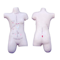 XC-471 Surgical Suture and Bandaging Model, XC-471, Surgical Suture and Bandaging Model, China XC-471, Surgical Suture and Bandaging Model Germany, Human model, elitetradebd, XC-BLS, XC-BLS Basic life support, BLS manikin (CPR & AED simulator) AED monitor, XC-101, XC-101 Life size skeleton (180 cm) with stand, XC-101 A, XC-101 A Skeleton (180 cm) Muscles & Ligaments, XC-101 E, XC-101 E Skeleton (180 cm) Flexible, XC-101 F, XC-101 F Flexible Skeleton with Ligaments, XC-102, XC-102 Skeleton (85 cm), XC-102 A, XC-102 A Skeleton (85 cm) with Spinal Nerves, XC-102 B, XC-102 B Skeleton (85 cm) with Spinal Nerves & Blood Vessel, XC-102 C, XC-102 C Skeleton (85 cm) with Painted Muscles, XC-102 CN, XC-102 CN Skeleton (85 cm) with Painted Muscles, XC-103, XC-103 Mini Skeleton, XC-104, XC-104 Life size Skull, XC-104 B, XC-104 B Life size Skull Painted, XC-104 C, XC-104 C Life size Skull colored bones, XC-104 D, XC-104 D Deluxe Life size Skull (Style D), XC-104 E, XC-104 E Skull with 8 parts Brain, XC-105, XC-105 Life size Vertebrae Column with Pelvis, XC-105 A, XC-105 A Vertebrae Column with Pelvis & Painted Muscles, XC-105 AN, XC-105 AN Vertebrae Column with Pelvis & Numbered Painted Muscles, XC-105 C, XC-105 C Didactic Flexible Vertebrae Column with Pelvis, XC-106, XC-106 Miniature Plastic Skull, XC-107, XC-107 Life size Vertebral column, XC-107 A, XC-107 A Vertebral column with painted muscles, XC-107 C, XC-107 C Didactic Vertebral column, XC-107 D, XC-107 D Vertebral column disarticulate model, XC-109, XC-109 Life size shoulder joint, XC-109 A, XC-109 A Life size muscled Shoulder joint, XC-110, XC-110 Life size Hip Joint, XC-111, XC-111 Life size Knee Joint, XC-112, XC-112 Life size Elbow Joint, XC-113, XC-113 Life size foot Joint, XC-113 A, XC-113 A Life size foot Joint with Ligaments, XC-114 Life size hand Joint, XC-114 A, XC-114 A Life size hand Joint with Ligaments, XC-115, XC-115 Life size pelvis with 5 pcs Lumber Vertebrae, XC-115 A, XC-115 A Half size pelvis with 5 pcs Lumber Vertebrae, XC-116, XC-116 Lumber set 2 Pcs, XC-117, XC-117 Lumber set 3 Pcs, XC-118, XC-118 Lumber set 4 Pcs, XC-119, XC-119 Life size lumber Vertebrae with sacrum & Coccyx & Herniated, XC-119 A, XC-119 A Mini Lumber Vertebrae with Sacrum & Coccyx & Herniated Disc, XC-120, XC-120 Thoracic Spinal Column, XC-121, XC-121 Life size Upper Extremity, XC-122, XC-122 Life size lower Extremity, XC-123, XC-123 Adult male Pelvis, XC-124, XC-124 Adult Female Pelvis, XC-125, XC-125 Female Pelvic Muscles & Organs, XC-126, XC-126 Life size vertebral clumn with pelvis & Femur head, XC-126A, XC-126A vertebral clumn with pelvis & Femur heads & Painted Muscies, XC-126AN, XC-126AN vertebral clumn with pelvis & Femur heads and numbered Painted Muscies, XC-126 C, XC-126 C Didactic vertebral clumn with pelvis & Femur head, XC-126 D, XC-126 D Flexible vertebral with removable Pelvis & Femur, XC-127, XC-127 Birth Demonstration, XC-128, XC-128 Life size pelvis with 2 Pcs Lumber Vertebrae, XC-130, XC-130 Disarticulated Skeleton with Skull, XC-133, XC-133 Cervical Vertebral Clumn with Nack Artery, XC-134, XC-134 Cutaway Osteoporosis, XC-135, XC-135 Skull with CervicalmSpine, XC-135 E, XC-135 E Skull with Brain and Cervical Spain 8 Parts, XC-201, XC-201 Male Torso (85 cm) 19 Parts, XC-202 A, XC-202 A Male Torso (42 cm) 13 Parts, XC-203, XC-203 Torso (26 cm) 15 Parts, XC-204, XC-204 Unisex Torso (85 cm) 23 Parts, XC-205, XC-205 Unisex Torso (45 cm) 23 Parts, XC-206, XC-206 Sexless Torso (85 cm) 20 Parts, XC-207, XC-207 Sexless Torso (42 cm) 18 Parts, XC-208, XC-208 Unisex Torso (85 cm) 40 Parts, XC-209, XC-209 Unisex Torso (85 cm) 20 Parts, XC-210, XC-210 Unisex Torso (85 cm) 30 Parts, XC-301, XC-301 Magnified Human Lartnx, XC-302, XC-302 Magnified Pulmonary Alveoli, XC-303 A, XC-303 A Giant Ear, XC-303 B, XC-303 B Middle Ear, XC-303 C, XC-303 C New Style Giant Ear, XC-303 D, XC-303 D Desktop Ear, XC-304, XC-304 Brain, XC-304 A, XC-304 A New Style Brain, XC-304 B, XC-304 B Brain, XC-305, XC-305 Expansion of Human Teeth, XC-306, XC-306 Stomach, XC-307, XC-307 Jumbo Heart, XC-307 A, XC-307 A Life size Heart, XC-307 B, XC-307 B New style life size heart, XC-307C, XC-307C New style Jumbo Heart, XC-307 D, XC-307 D Middle Heart, XC-308, XC-308 Brain with Arteries, XC-308 A, XC-308 A Brain with Arterial, XC-308 D, XC-308 D Brain with Arterial 9 Parts, XC-309, XC-309 Anatomy Nasal Cavity, XC-310-1, XC-310-1 Kidney, XC-310-2, XC-310-2 Kidney 2 Parts, XC-310-3, XC-310-3 Kidney with Adrenal Gland, XC-310-4, XC-310-4 Enlarged Kidney, XC-311, XC-311 Liver, Pancreas & Duodenum, XC-312, XC-312 Liver, XC-313, XC-313 Enlarge Skin, XC-313-2, XC-313-2 Skin Block, XC-313-3, XC-313-3 Skin Section, XC-315, XC-315 Digestive System, XC-316, XC-316 Giant Eye, XC-316 A, XC-316 A Giant Eye A, XC-316 B, XC-316 B Eye with Orbit, XC-317, XC-317 Expansion of Urinary Bladder, XC-318, XC-318 Brain with Arteries on Head, XC-318 B, XC-318 B Head with Brain, XC-319, XC-319 Median section of the Head, XC-319 A, XC-319 A Frontal Section & Median Section of the Head, XC-319 B, XC-319 B Frontal section of Head, XC-320, XC-320 Larynx, Heart & Lung, XC-321, XC-321 Lung, XC-321 B, XC-321 B Lung, XC-322, XC-322 Circulatory system, XC-324, XC-324 The Head, XC-325, XC-325 Plam Anatomy, XC-326, XC-326 Normal Flat & Arched Foot, XC-330, XC-330 Transparent Lung Segment, XC-331, XC-331 Male Urogenital system, XC-331 A, XC-331 A Human male Pelvis section Part 1, XC-331 B, XC-331 B Human male Pelvis section Part 2, XC-331 C, XC-331 C Advanced Male internal & external Gental Organs, XC-331 D, XC-331 D Male Gental Organ, XC-332, XC-332 Female Urogenital System, XC-332 A, XC-332 A Female Pelvis section 1 Part, XC-332 B, XC-332 B Female Pelvis section 4 Parts, XC-332 B-1, XC-332 B-1Female Pelvis section 2 Part2, XC-332 C, XC-332 C Advanced Female internal & external Gental Organ, XC-332 D, XC-332 D Female Pelvis, XC-333, XC-333 Urinary system, XC-334, XC-334 Human (80 cm) Muscles Male (27 Parts), XC-335, XC-335 Human Muscles 50 cm 1 Part, XC-336, XC-336 Muscles of human Arm 7 parts, XC-337, XC-337 Muscles of Lower Limb 13 Parts, XC-338, XC-338 Life size human Muscle foot (7 parts), XC-401, XC 401Multifunctional patient care Manikin, XC-401 A, XC-401 A High quality Nurse Trainning Doll (Male), XC-401 A-1, XC-401 A-1 New style High quality Nurse Trainning Doll (Male), XC-401 A-2, XC-401 A-2 Advanced Nurse Trainning Doll (with BP Trainning Arm Male), XC-401 B, XC-401 B High quality Nurse Trainning Doll (Female), XC-401 B-1, XC-401 B-1 New style High quality Nurse Trainning Doll (Female), XC-401 B-2, XC-401 B-2 Advanced Nurse trainning doll (with BP Trainning Arm Female), XC-401 C, XC-401 C Advanced Multifunctional Nursing Trainning Doll, XC-401 D, XC-401 D Advanced Trauma Simulator, XC-401 D-1, XC-401 D-1 Advance Trauma Accessories, XC-401 M, XC-401 M Multifunctional patient care Manikin (Male), XC-402, XC-402 Course of delivery, XC-402 A, XC-402 A Advanced Course of delivery, XC-402 A-1, XC-402 A-1 Delivery Machine, XC-403, XC-403 Dental Care (28 teeth), XC-403 A, XC-403 A Dental Care (32 teeth), XC-403 B, XC-403 B Small Dental Care (28 teeth), XC-403 C, XC-403 C Small Dental Care (32 teeth), XC-403 D, XC-403 D Dental Care with Cheek, XC-404, XC-404 Basic CPR Trainning (half Body), XC-404 A, XC-404 A Half body CPR Trainninf (male), XC-404 B, XC-404 B Half body CPR Trainninf (Female), XC-405, XC-405 Nurse Basic Practice Teaching 5 parts, XC-405 A, XC-405 A Simple male Urethral catheterization simulator, XC-405 B, XC-405 B Simple Female Urethral catheterization simulator, XC-405-2, XC-405-2 Transparent gastric lavage model, XC-406-1, XC-406-1 Whole body basic CPR Manikin style 100 (Male/Female), XC-406-2, XC-406-2 Whole body basic CPR Manikin style 200 (Male/Female), XC-406-5, XC-406-5 Whole body basic CPR Manikin style 500 (Male/Female), XC-406-5 Plus, XC-406-5 Plus New style CPR Trainning Manikin, XC-406A 5 Plus, XC-406A 5 Plus Whole advanced CPR Manikin style 500 (Female), XC-407, XC-407 Human Trachea Intubation, XC-407 A, XC-407 A Advanced Human Trachea Intubation, XC-408, XC-408 Electronic Urinary, XC-408 C, XC-408 C Advanced male Urethral Catheterization simulator, XC-408 D, XC-408 D Advanced female Urethral Catheterization simulator, XC-408 E, XC-408 E Transparant male Urethral Catheterization simulator, XC-408 F, XC-408 F Transparent female Urethral Catheterization simulator, XC-409, XC-409 New Born baby, XC-409 A, XC-409 A New style New Born baby, XC-409A-1, XC-409A-1 New style New Born baby model (Girl), XC-409 B, XC-409 B Advanced New Born care, XC-409 C, XC-409 C Advanced neonate Umbilical cord, XC-409 C-1, XC-409 C-1 Umbilical Cord, XC-409 D, XC-409 D Tracheostomy care infant, XC-409 E, XC-409 E Neonate scalp venipuncture, XC-410, XC-410 New born Intubation, XC-410 A, XC-410 A Infant Intubation trainning, XC-411, XC-411 Gynecological Trainning simulator, XC-412, XC-412 Advanced maternity, XC-414, XC-414 Development process for ferus, XC-414 A, XC-414 A The development process for ferus (half size), XC-416, XC-416 New born CPR Trainning manikin, XC-417, XC-417 Conception Guidance, XC-417 A, XC-417 A Female Contraception Guidance, XC-417 B, XC-417 B Male Condom Simulator (Transparent Base), XC-418, XC-418 Breast Examination, XC-418 B, XC-418 B Lactation Trainning model, Xincheng Scientific Industries Co., Ltd, Xincheng Scientific Model, Xincheng Scientific Human model, Xincheng Scientific Human body models, Models, Charts, Human body charts, China Models, China Chart, XC-BLS price in bd, XC-BLS Basic life support price in bd, BLS manikin (CPR & AED simulator) AED monitor price in bd, XC-101 price in bd, XC-101 Life size skeleton (180 cm) with stand price in bd, XC-101 A price in bd, XC-101 A Skeleton (180 cm) Muscles & Ligaments price in bd, XC-101 E price in bd, XC-101 E Skeleton (180 cm) Flexible price in bd, XC-101 F price in bd, XC-101 F Flexible Skeleton with Ligaments price in bd, XC-102 price in bd, XC-102 Skeleton (85 cm) price in bd, XC-102 A price in bd, XC-102 A Skeleton (85 cm) with Spinal Nerves price in bd, XC-102 B price in bd, XC-102 B Skeleton (85 cm) with Spinal Nerves & Blood Vessel price in bd, XC-102 C price in bd, XC-102 C Skeleton (85 cm) with Painted Muscles price in bd, XC-102 CN price in bd, XC-102 CN Skeleton (85 cm) with Painted Muscles price in bd, XC-103 price in bd, XC-103 Mini Skeleton price in bd, XC-104 price in bd, XC-104 Life size Skull price in bd, XC-104 B price in bd, XC-104 B Life size Skull Painted price in bd, XC-104 C price in bd, XC-104 C Life size Skull colored bones price in bd, XC-104 D price in bd, XC-104 D Deluxe Life size Skull (Style D) price in bd, XC-104 E price in bd, XC-104 E Skull with 8 parts Brain price in bd, XC-105 price in bd, XC-105 Life size Vertebrae Column with Pelvis price in bd, XC-105 A price in bd, XC-105 A Vertebrae Column with Pelvis & Painted Muscles price in bd, XC-105 AN price in bd, XC-105 AN Vertebrae Column with Pelvis & Numbered Painted Muscles price in bd, XC-105 C price in bd, XC-105 C Didactic Flexible Vertebrae Column with Pelvis price in bd, XC-106 price in bd, XC-106 Miniature Plastic Skull price in bd, XC-107 price in bd, XC-107 Life size Vertebral column price in bd, XC-107 A price in bd, XC-107 A Vertebral column with painted muscles price in bd, XC-107 C price in bd, XC-107 C Didactic Vertebral column price in bd, XC-107 D price in bd, XC-107 D Vertebral column disarticulate model price in bd, XC-109 price in bd, XC-109 Life size shoulder joint price in bd, XC-109 A price in bd, XC-109 A Life size muscled Shoulder joint price in bd, XC-110 price in bd, XC-110 Life size Hip Joint price in bd, XC-111 price in bd, XC-111 Life size Knee Joint price in bd, XC-112 price in bd, XC-112 Life size Elbow Joint price in bd, XC-113 price in bd, XC-113 Life size foot Joint price in bd, XC-113 A price in bd, XC-113 A Life size foot Joint with Ligaments price in bd, XC-114 Life size hand Joint price in bd, XC-114 A price in bd, XC-114 A Life size hand Joint with Ligaments price in bd, XC-115 price in bd, XC-115 Life size pelvis with 5 pcs Lumber Vertebrae price in bd, XC-115 A price in bd, XC-115 A Half size pelvis with 5 pcs Lumber Vertebrae price in bd, XC-116 price in bd, XC-116 Lumber set 2 Pcs price in bd, XC-117 price in bd, XC-117 Lumber set 3 Pcs price in bd, XC-118 price in bd, XC-118 Lumber set 4 Pcs price in bd, XC-119 price in bd, XC-119 Life size lumber Vertebrae with sacrum & Coccyx & Herniated price in bd, XC-119 A price in bd, XC-119 A Mini Lumber Vertebrae with Sacrum & Coccyx & Herniated Disc price in bd, XC-120 price in bd, XC-120 Thoracic Spinal Column price in bd, XC-121 price in bd, XC-121 Life size Upper Extremity price in bd, XC-122 price in bd, XC-122 Life size lower Extremity price in bd, XC-123 price in bd, XC-123 Adult male Pelvis price in bd, XC-124 price in bd, XC-124 Adult Female Pelvis price in bd, XC-125 price in bd, XC-125 Female Pelvic Muscles & Organs price in bd, XC-126 price in bd, XC-126 Life size vertebral clumn with pelvis & Femur head price in bd, XC-126A price in bd, XC-126A vertebral clumn with pelvis & Femur heads & Painted Muscies price in bd, XC-126AN price in bd, XC-126AN vertebral clumn with pelvis & Femur heads and numbered Painted Muscies price in bd, XC-126 C price in bd, XC-126 C Didactic vertebral clumn with pelvis & Femur head price in bd, XC-126 D price in bd, XC-126 D Flexible vertebral with removable Pelvis & Femur price in bd, XC-127 price in bd, XC-127 Birth Demonstration price in bd, XC-128 price in bd, XC-128 Life size pelvis with 2 Pcs Lumber Vertebrae price in bd, XC-130 price in bd, XC-130 Disarticulated Skeleton with Skull price in bd, XC-133 price in bd, XC-133 Cervical Vertebral Clumn with Nack Artery price in bd, XC-134 price in bd, XC-134 Cutaway Osteoporosis price in bd, XC-135 price in bd, XC-135 Skull with CervicalmSpine price in bd, XC-135 E price in bd, XC-135 E Skull with Brain and Cervical Spain 8 Parts price in bd, XC-201 price in bd, XC-201 Male Torso (85 cm) 19 Parts price in bd, XC-202 A price in bd, XC-202 A Male Torso (42 cm) 13 Parts price in bd, XC-203 price in bd, XC-203 Torso (26 cm) 15 Parts price in bd, XC-204 price in bd, XC-204 Unisex Torso (85 cm) 23 Parts price in bd, XC-205 price in bd, XC-205 Unisex Torso (45 cm) 23 Parts price in bd, XC-206 price in bd, XC-206 Sexless Torso (85 cm) 20 Parts price in bd, XC-207 price in bd, XC-207 Sexless Torso (42 cm) 18 Parts price in bd, XC-208 price in bd, XC-208 Unisex Torso (85 cm) 40 Parts price in bd, XC-209 price in bd, XC-209 Unisex Torso (85 cm) 20 Parts price in bd, XC-210 price in bd, XC-210 Unisex Torso (85 cm) 30 Parts price in bd, XC-301 price in bd, XC-301 Magnified Human Lartnx price in bd, XC-302 price in bd, XC-302 Magnified Pulmonary Alveoli price in bd, XC-303 A price in bd, XC-303 A Giant Ear price in bd, XC-303 B price in bd, XC-303 B Middle Ear price in bd, XC-303 C price in bd, XC-303 C New Style Giant Ear price in bd, XC-303 D price in bd, XC-303 D Desktop Ear price in bd, XC-304 price in bd, XC-304 Brain price in bd, XC-304 A price in bd, XC-304 A New Style Brain price in bd, XC-304 B price in bd, XC-304 B Brain price in bd, XC-305 price in bd, XC-305 Expansion of Human Teeth price in bd, XC-306 price in bd, XC-306 Stomach price in bd, XC-307 price in bd, XC-307 Jumbo Heart price in bd, XC-307 A price in bd, XC-307 A Life size Heart price in bd, XC-307 B price in bd, XC-307 B New style life size heart price in bd, XC-307C price in bd, XC-307C New style Jumbo Heart price in bd, XC-307 D price in bd, XC-307 D Middle Heart price in bd, XC-308 price in bd, XC-308 Brain with Arteries price in bd, XC-308 A price in bd, XC-308 A Brain with Arterial price in bd, XC-308 D price in bd, XC-308 D Brain with Arterial 9 Parts price in bd, XC-309 price in bd, XC-309 Anatomy Nasal Cavity price in bd, XC-310-1 price in bd, XC-310-1 Kidney price in bd, XC-310-2 price in bd, XC-310-2 Kidney 2 Parts price in bd, XC-310-3 price in bd, XC-310-3 Kidney with Adrenal Gland price in bd, XC-310-4 price in bd, XC-310-4 Enlarged Kidney price in bd, XC-311 price in bd, XC-311 Liver price in bd, Pancreas & Duodenum price in bd, XC-312 price in bd, XC-312 Liver price in bd, XC-313 price in bd, XC-313 Enlarge Skin price in bd, XC-313-2 price in bd, XC-313-2 Skin Block price in bd, XC-313-3 price in bd, XC-313-3 Skin Section price in bd, XC-315 price in bd, XC-315 Digestive System price in bd, XC-316 price in bd, XC-316 Giant Eye price in bd, XC-316 A price in bd, XC-316 A Giant Eye A price in bd, XC-316 B price in bd, XC-316 B Eye with Orbit price in bd, XC-317 price in bd, XC-317 Expansion of Urinary Bladder price in bd, XC-318 price in bd, XC-318 Brain with Arteries on Head price in bd, XC-318 B price in bd, XC-318 B Head with Brain price in bd, XC-319 price in bd, XC-319 Median section of the Head price in bd, XC-319 A price in bd, XC-319 A Frontal Section & Median Section of the Head price in bd, XC-319 B price in bd, XC-319 B Frontal section of Head price in bd, XC-320 price in bd, XC-320 Larynx price in bd, Heart & Lung price in bd, XC-321 price in bd, XC-321 Lung price in bd, XC-321 B price in bd, XC-321 B Lung price in bd, XC-322 price in bd, XC-322 Circulatory system price in bd, XC-324 price in bd, XC-324 The Head price in bd, XC-325 price in bd, XC-325 Plam Anatomy price in bd, XC-326 price in bd, XC-326 Normal Flat & Arched Foot price in bd, XC-330 price in bd, XC-330 Transparent Lung Segment price in bd, XC-331 price in bd, XC-331 Male Urogenital system price in bd, XC-331 A price in bd, XC-331 A Human male Pelvis section Part 1 price in bd, XC-331 B price in bd, XC-331 B Human male Pelvis section Part 2 price in bd, XC-331 C price in bd, XC-331 C Advanced Male internal & external Gental Organs price in bd, XC-331 D price in bd, XC-331 D Male Gental Organ price in bd, XC-332 price in bd, XC-332 Female Urogenital System price in bd, XC-332 A price in bd, XC-332 A Female Pelvis section 1 Part price in bd, XC-332 B price in bd, XC-332 B Female Pelvis section 4 Parts price in bd, XC-332 B-1 price in bd, XC-332 B-1Female Pelvis section 2 Part2 price in bd, XC-332 C price in bd, XC-332 C Advanced Female internal & external Gental Organ price in bd, XC-332 D price in bd, XC-332 D Female Pelvis price in bd, XC-333 price in bd, XC-333 Urinary system price in bd, XC-334 price in bd, XC-334 Human (80 cm) Muscles Male (27 Parts) price in bd, XC-335 price in bd, XC-335 Human Muscles 50 cm 1 Part price in bd, XC-336 price in bd, XC-336 Muscles of human Arm 7 parts price in bd, XC-337 price in bd, XC-337 Muscles of Lower Limb 13 Parts price in bd, XC-338 price in bd, XC-338 Life size human Muscle foot (7 parts) price in bd, XC-401 price in bd, XC 401Multifunctional patient care Manikin price in bd, XC-401 A price in bd, XC-401 A High quality Nurse Trainning Doll (Male) price in bd, XC-401 A-1 price in bd, XC-401 A-1 New style High quality Nurse Trainning Doll (Male) price in bd, XC-401 A-2 price in bd, XC-401 A-2 Advanced Nurse Trainning Doll (with BP Trainning Arm Male) price in bd, XC-401 B price in bd, XC-401 B High quality Nurse Trainning Doll (Female) price in bd, XC-401 B-1 price in bd, XC-401 B-1 New style High quality Nurse Trainning Doll (Female) price in bd, XC-401 B-2 price in bd, XC-401 B-2 Advanced Nurse trainning doll (with BP Trainning Arm Female) price in bd, XC-401 C price in bd, XC-401 C Advanced Multifunctional Nursing Trainning Doll price in bd, XC-401 D price in bd, XC-401 D Advanced Trauma Simulator price in bd, XC-401 D-1 price in bd, XC-401 D-1 Advance Trauma Accessories price in bd, XC-401 M price in bd, XC-401 M Multifunctional patient care Manikin (Male) price in bd, XC-402 price in bd, XC-402 Course of delivery price in bd, XC-402 A price in bd, XC-402 A Advanced Course of delivery price in bd, XC-402 A-1 price in bd, XC-402 A-1 Delivery Machine price in bd, XC-403 price in bd, XC-403 Dental Care (28 teeth) price in bd, XC-403 A price in bd, XC-403 A Dental Care (32 teeth) price in bd, XC-403 B price in bd, XC-403 B Small Dental Care (28 teeth) price in bd, XC-403 C price in bd, XC-403 C Small Dental Care (32 teeth) price in bd, XC-403 D price in bd, XC-403 D Dental Care with Cheek price in bd, XC-404 price in bd, XC-404 Basic CPR Trainning (half Body) price in bd, XC-404 A price in bd, XC-404 A Half body CPR Trainninf (male) price in bd, XC-404 B price in bd, XC-404 B Half body CPR Trainninf (Female) price in bd, XC-405 price in bd, XC-405 Nurse Basic Practice Teaching 5 parts price in bd, XC-405 A price in bd, XC-405 A Simple male Urethral catheterization simulator price in bd, XC-405 B price in bd, XC-405 B Simple Female Urethral catheterization simulator price in bd, XC-405-2 price in bd, XC-405-2 Transparent gastric lavage model price in bd, XC-406-1 price in bd, XC-406-1 Whole body basic CPR Manikin style 100 (Male/Female) price in bd, XC-406-2 price in bd, XC-406-2 Whole body basic CPR Manikin style 200 (Male/Female) price in bd, XC-406-5 price in bd, XC-406-5 Whole body basic CPR Manikin style 500 (Male/Female) price in bd, XC-406-5 Plus price in bd, XC-406-5 Plus New style CPR Trainning Manikin price in bd, XC-406A 5 Plus price in bd, XC-406A 5 Plus Whole advanced CPR Manikin style 500 (Female) price in bd, XC-407 price in bd, XC-407 Human Trachea Intubation price in bd, XC-407 A price in bd, XC-407 A Advanced Human Trachea Intubation price in bd, XC-408 price in bd, XC-408 Electronic Urinary price in bd, XC-408 C price in bd, XC-408 C Advanced male Urethral Catheterization simulator price in bd, XC-408 D price in bd, XC-408 D Advanced female Urethral Catheterization simulator price in bd, XC-408 E price in bd, XC-408 E Transparant male Urethral Catheterization simulator price in bd, XC-408 F price in bd, XC-408 F Transparent female Urethral Catheterization simulator price in bd, XC-409 price in bd, XC-409 New Born baby price in bd, XC-409 A price in bd, XC-409 A New style New Born baby price in bd, XC-409A-1 price in bd, XC-409A-1 New style New Born baby model (Girl) price in bd, XC-409 B price in bd, XC-409 B Advanced New Born care price in bd, XC-409 C price in bd, XC-409 C Advanced neonate Umbilical cord price in bd, XC-409 C-1 price in bd, XC-409 C-1 Umbilical Cord price in bd, XC-409 D price in bd, XC-409 D Tracheostomy care infant price in bd, XC-409 E price in bd, XC-409 E Neonate scalp venipuncture price in bd, XC-410 price in bd, XC-410 New born Intubation price in bd, XC-410 A price in bd, XC-410 A Infant Intubation trainning price in bd, XC-411 price in bd, XC-411 Gynecological Trainning simulator price in bd, XC-412 price in bd, XC-412 Advanced maternity price in bd, XC-414 price in bd, XC-414 Development process for ferus price in bd, XC-414 A price in bd, XC-414 A The development process for ferus (half size) price in bd, XC-416 price in bd, XC-416 New born CPR Trainning manikin price in bd, XC-417 price in bd, XC-417 Conception Guidance price in bd, XC-417 A price in bd, XC-417 A Female Contraception Guidance price in bd, XC-417 B price in bd, XC-417 B Male Condom Simulator (Transparent Base) price in bd, XC-418 price in bd, XC-418 Breast Examination price in bd, XC-418 B price in bd, XC-418 B Lactation Trainning model price in bd, XC-BLS saler in bd, XC-BLS Basic life support saler in bd, BLS manikin (CPR & AED simulator) AED monitor saler in bd, XC-101 saler in bd, XC-101 Life size skeleton (180 cm) with stand saler in bd, XC-101 A saler in bd, XC-101 A Skeleton (180 cm) Muscles & Ligaments saler in bd, XC-101 E saler in bd, XC-101 E Skeleton (180 cm) Flexible saler in bd, XC-101 F saler in bd, XC-101 F Flexible Skeleton with Ligaments saler in bd, XC-102 saler in bd, XC-102 Skeleton (85 cm) saler in bd, XC-102 A saler in bd, XC-102 A Skeleton (85 cm) with Spinal Nerves saler in bd, XC-102 B saler in bd, XC-102 B Skeleton (85 cm) with Spinal Nerves & Blood Vessel saler in bd, XC-102 C saler in bd, XC-102 C Skeleton (85 cm) with Painted Muscles saler in bd, XC-102 CN saler in bd, XC-102 CN Skeleton (85 cm) with Painted Muscles saler in bd, XC-103 saler in bd, XC-103 Mini Skeleton saler in bd, XC-104 saler in bd, XC-104 Life size Skull saler in bd, XC-104 B saler in bd, XC-104 B Life size Skull Painted saler in bd, XC-104 C saler in bd, XC-104 C Life size Skull colored bones saler in bd, XC-104 D saler in bd, XC-104 D Deluxe Life size Skull (Style D) saler in bd, XC-104 E saler in bd, XC-104 E Skull with 8 parts Brain saler in bd, XC-105 saler in bd, XC-105 Life size Vertebrae Column with Pelvis saler in bd, XC-105 A saler in bd, XC-105 A Vertebrae Column with Pelvis & Painted Muscles saler in bd, XC-105 AN saler in bd, XC-105 AN Vertebrae Column with Pelvis & Numbered Painted Muscles saler in bd, XC-105 C saler in bd, XC-105 C Didactic Flexible Vertebrae Column with Pelvis saler in bd, XC-106 saler in bd, XC-106 Miniature Plastic Skull saler in bd, XC-107 saler in bd, XC-107 Life size Vertebral column saler in bd, XC-107 A saler in bd, XC-107 A Vertebral column with painted muscles saler in bd, XC-107 C saler in bd, XC-107 C Didactic Vertebral column saler in bd, XC-107 D saler in bd, XC-107 D Vertebral column disarticulate model saler in bd, XC-109 saler in bd, XC-109 Life size shoulder joint saler in bd, XC-109 A saler in bd, XC-109 A Life size muscled Shoulder joint saler in bd, XC-110 saler in bd, XC-110 Life size Hip Joint saler in bd, XC-111 saler in bd, XC-111 Life size Knee Joint saler in bd, XC-112 saler in bd, XC-112 Life size Elbow Joint saler in bd, XC-113 saler in bd, XC-113 Life size foot Joint saler in bd, XC-113 A saler in bd, XC-113 A Life size foot Joint with Ligaments saler in bd, XC-114 Life size hand Joint saler in bd, XC-114 A saler in bd, XC-114 A Life size hand Joint with Ligaments saler in bd, XC-115 saler in bd, XC-115 Life size pelvis with 5 pcs Lumber Vertebrae saler in bd, XC-115 A saler in bd, XC-115 A Half size pelvis with 5 pcs Lumber Vertebrae saler in bd, XC-116 saler in bd, XC-116 Lumber set 2 Pcs saler in bd, XC-117 saler in bd, XC-117 Lumber set 3 Pcs saler in bd, XC-118 saler in bd, XC-118 Lumber set 4 Pcs saler in bd, XC-119 saler in bd, XC-119 Life size lumber Vertebrae with sacrum & Coccyx & Herniated saler in bd, XC-119 A saler in bd, XC-119 A Mini Lumber Vertebrae with Sacrum & Coccyx & Herniated Disc saler in bd, XC-120 saler in bd, XC-120 Thoracic Spinal Column saler in bd, XC-121 saler in bd, XC-121 Life size Upper Extremity saler in bd, XC-122 saler in bd, XC-122 Life size lower Extremity saler in bd, XC-123 saler in bd, XC-123 Adult male Pelvis saler in bd, XC-124 saler in bd, XC-124 Adult Female Pelvis saler in bd, XC-125 saler in bd, XC-125 Female Pelvic Muscles & Organs saler in bd, XC-126 saler in bd, XC-126 Life size vertebral clumn with pelvis & Femur head saler in bd, XC-126A saler in bd, XC-126A vertebral clumn with pelvis & Femur heads & Painted Muscies saler in bd, XC-126AN saler in bd, XC-126AN vertebral clumn with pelvis & Femur heads and numbered Painted Muscies saler in bd, XC-126 C saler in bd, XC-126 C Didactic vertebral clumn with pelvis & Femur head saler in bd, XC-126 D saler in bd, XC-126 D Flexible vertebral with removable Pelvis & Femur saler in bd, XC-127 saler in bd, XC-127 Birth Demonstration saler in bd, XC-128 saler in bd, XC-128 Life size pelvis with 2 Pcs Lumber Vertebrae saler in bd, XC-130 saler in bd, XC-130 Disarticulated Skeleton with Skull saler in bd, XC-133 saler in bd, XC-133 Cervical Vertebral Clumn with Nack Artery saler in bd, XC-134 saler in bd, XC-134 Cutaway Osteoporosis saler in bd, XC-135 saler in bd, XC-135 Skull with CervicalmSpine saler in bd, XC-135 E saler in bd, XC-135 E Skull with Brain and Cervical Spain 8 Parts saler in bd, XC-201 saler in bd, XC-201 Male Torso (85 cm) 19 Parts saler in bd, XC-202 A saler in bd, XC-202 A Male Torso (42 cm) 13 Parts saler in bd, XC-203 saler in bd, XC-203 Torso (26 cm) 15 Parts saler in bd, XC-204 saler in bd, XC-204 Unisex Torso (85 cm) 23 Parts saler in bd, XC-205 saler in bd, XC-205 Unisex Torso (45 cm) 23 Parts saler in bd, XC-206 saler in bd, XC-206 Sexless Torso (85 cm) 20 Parts saler in bd, XC-207 saler in bd, XC-207 Sexless Torso (42 cm) 18 Parts saler in bd, XC-208 saler in bd, XC-208 Unisex Torso (85 cm) 40 Parts saler in bd, XC-209 saler in bd, XC-209 Unisex Torso (85 cm) 20 Parts saler in bd, XC-210 saler in bd, XC-210 Unisex Torso (85 cm) 30 Parts saler in bd, XC-301 saler in bd, XC-301 Magnified Human Lartnx saler in bd, XC-302 saler in bd, XC-302 Magnified Pulmonary Alveoli saler in bd, XC-303 A saler in bd, XC-303 A Giant Ear saler in bd, XC-303 B saler in bd, XC-303 B Middle Ear saler in bd, XC-303 C saler in bd, XC-303 C New Style Giant Ear saler in bd, XC-303 D saler in bd, XC-303 D Desktop Ear saler in bd, XC-304 saler in bd, XC-304 Brain saler in bd, XC-304 A saler in bd, XC-304 A New Style Brain saler in bd, XC-304 B saler in bd, XC-304 B Brain saler in bd, XC-305 saler in bd, XC-305 Expansion of Human Teeth saler in bd, XC-306 saler in bd, XC-306 Stomach saler in bd, XC-307 saler in bd, XC-307 Jumbo Heart saler in bd, XC-307 A saler in bd, XC-307 A Life size Heart saler in bd, XC-307 B saler in bd, XC-307 B New style life size heart saler in bd, XC-307C saler in bd, XC-307C New style Jumbo Heart saler in bd, XC-307 D saler in bd, XC-307 D Middle Heart saler in bd, XC-308 saler in bd, XC-308 Brain with Arteries saler in bd, XC-308 A saler in bd, XC-308 A Brain with Arterial saler in bd, XC-308 D saler in bd, XC-308 D Brain with Arterial 9 Parts saler in bd, XC-309 saler in bd, XC-309 Anatomy Nasal Cavity saler in bd, XC-310-1 saler in bd, XC-310-1 Kidney saler in bd, XC-310-2 saler in bd, XC-310-2 Kidney 2 Parts saler in bd, XC-310-3 saler in bd, XC-310-3 Kidney with Adrenal Gland saler in bd, XC-310-4 saler in bd, XC-310-4 Enlarged Kidney saler in bd, XC-311 saler in bd, XC-311 Liver saler in bd, Pancreas & Duodenum saler in bd, XC-312 saler in bd, XC-312 Liver saler in bd, XC-313 saler in bd, XC-313 Enlarge Skin saler in bd, XC-313-2 saler in bd, XC-313-2 Skin Block saler in bd, XC-313-3 saler in bd, XC-313-3 Skin Section saler in bd, XC-315 saler in bd, XC-315 Digestive System saler in bd, XC-316 saler in bd, XC-316 Giant Eye saler in bd, XC-316 A saler in bd, XC-316 A Giant Eye A saler in bd, XC-316 B saler in bd, XC-316 B Eye with Orbit saler in bd, XC-317 saler in bd, XC-317 Expansion of Urinary Bladder saler in bd, XC-318 saler in bd, XC-318 Brain with Arteries on Head saler in bd, XC-318 B saler in bd, XC-318 B Head with Brain saler in bd, XC-319 saler in bd, XC-319 Median section of the Head saler in bd, XC-319 A saler in bd, XC-319 A Frontal Section & Median Section of the Head saler in bd, XC-319 B saler in bd, XC-319 B Frontal section of Head saler in bd, XC-320 saler in bd, XC-320 Larynx saler in bd, Heart & Lung saler in bd, XC-321 saler in bd, XC-321 Lung saler in bd, XC-321 B saler in bd, XC-321 B Lung saler in bd, XC-322 saler in bd, XC-322 Circulatory system saler in bd, XC-324 saler in bd, XC-324 The Head saler in bd, XC-325 saler in bd, XC-325 Plam Anatomy saler in bd, XC-326 saler in bd, XC-326 Normal Flat & Arched Foot saler in bd, XC-330 saler in bd, XC-330 Transparent Lung Segment saler in bd, XC-331 saler in bd, XC-331 Male Urogenital system saler in bd, XC-331 A saler in bd, XC-331 A Human male Pelvis section Part 1 saler in bd, XC-331 B saler in bd, XC-331 B Human male Pelvis section Part 2 saler in bd, XC-331 C saler in bd, XC-331 C Advanced Male internal & external Gental Organs saler in bd, XC-331 D saler in bd, XC-331 D Male Gental Organ saler in bd, XC-332 saler in bd, XC-332 Female Urogenital System saler in bd, XC-332 A saler in bd, XC-332 A Female Pelvis section 1 Part saler in bd, XC-332 B saler in bd, XC-332 B Female Pelvis section 4 Parts saler in bd, XC-332 B-1 saler in bd, XC-332 B-1Female Pelvis section 2 Part2 saler in bd, XC-332 C saler in bd, XC-332 C Advanced Female internal & external Gental Organ saler in bd, XC-332 D saler in bd, XC-332 D Female Pelvis saler in bd, XC-333 saler in bd, XC-333 Urinary system saler in bd, XC-334 saler in bd, XC-334 Human (80 cm) Muscles Male (27 Parts) saler in bd, XC-335 saler in bd, XC-335 Human Muscles 50 cm 1 Part saler in bd, XC-336 saler in bd, XC-336 Muscles of human Arm 7 parts saler in bd, XC-337 saler in bd, XC-337 Muscles of Lower Limb 13 Parts saler in bd, XC-338 saler in bd, XC-338 Life size human Muscle foot (7 parts) saler in bd, XC-401 saler in bd, XC 401Multifunctional patient care Manikin saler in bd, XC-401 A saler in bd, XC-401 A High quality Nurse Trainning Doll (Male) saler in bd, XC-401 A-1 saler in bd, XC-401 A-1 New style High quality Nurse Trainning Doll (Male) saler in bd, XC-401 A-2 saler in bd, XC-401 A-2 Advanced Nurse Trainning Doll (with BP Trainning Arm Male) saler in bd, XC-401 B saler in bd, XC-401 B High quality Nurse Trainning Doll (Female) saler in bd, XC-401 B-1 saler in bd, XC-401 B-1 New style High quality Nurse Trainning Doll (Female) saler in bd, XC-401 B-2 saler in bd, XC-401 B-2 Advanced Nurse trainning doll (with BP Trainning Arm Female) saler in bd, XC-401 C saler in bd, XC-401 C Advanced Multifunctional Nursing Trainning Doll saler in bd, XC-401 D saler in bd, XC-401 D Advanced Trauma Simulator saler in bd, XC-401 D-1 saler in bd, XC-401 D-1 Advance Trauma Accessories saler in bd, XC-401 M saler in bd, XC-401 M Multifunctional patient care Manikin (Male) saler in bd, XC-402 saler in bd, XC-402 Course of delivery saler in bd, XC-402 A saler in bd, XC-402 A Advanced Course of delivery saler in bd, XC-402 A-1 saler in bd, XC-402 A-1 Delivery Machine saler in bd, XC-403 saler in bd, XC-403 Dental Care (28 teeth) saler in bd, XC-403 A saler in bd, XC-403 A Dental Care (32 teeth) saler in bd, XC-403 B saler in bd, XC-403 B Small Dental Care (28 teeth) saler in bd, XC-403 C saler in bd, XC-403 C Small Dental Care (32 teeth) saler in bd, XC-403 D saler in bd, XC-403 D Dental Care with Cheek saler in bd, XC-404 saler in bd, XC-404 Basic CPR Trainning (half Body) saler in bd, XC-404 A saler in bd, XC-404 A Half body CPR Trainninf (male) saler in bd, XC-404 B saler in bd, XC-404 B Half body CPR Trainninf (Female) saler in bd, XC-405 saler in bd, XC-405 Nurse Basic Practice Teaching 5 parts saler in bd, XC-405 A saler in bd, XC-405 A Simple male Urethral catheterization simulator saler in bd, XC-405 B saler in bd, XC-405 B Simple Female Urethral catheterization simulator saler in bd, XC-405-2 saler in bd, XC-405-2 Transparent gastric lavage model saler in bd, XC-406-1 saler in bd, XC-406-1 Whole body basic CPR Manikin style 100 (Male/Female) saler in bd, XC-406-2 saler in bd, XC-406-2 Whole body basic CPR Manikin style 200 (Male/Female) saler in bd, XC-406-5 saler in bd, XC-406-5 Whole body basic CPR Manikin style 500 (Male/Female) saler in bd, XC-406-5 Plus saler in bd, XC-406-5 Plus New style CPR Trainning Manikin saler in bd, XC-406A 5 Plus saler in bd, XC-406A 5 Plus Whole advanced CPR Manikin style 500 (Female) saler in bd, XC-407 saler in bd, XC-407 Human Trachea Intubation saler in bd, XC-407 A saler in bd, XC-407 A Advanced Human Trachea Intubation saler in bd, XC-408 saler in bd, XC-408 Electronic Urinary saler in bd, XC-408 C saler in bd, XC-408 C Advanced male Urethral Catheterization simulator saler in bd, XC-408 D saler in bd, XC-408 D Advanced female Urethral Catheterization simulator saler in bd, XC-408 E saler in bd, XC-408 E Transparant male Urethral Catheterization simulator saler in bd, XC-408 F saler in bd, XC-408 F Transparent female Urethral Catheterization simulator saler in bd, XC-409 saler in bd, XC-409 New Born baby saler in bd, XC-409 A saler in bd, XC-409 A New style New Born baby saler in bd, XC-409A-1 saler in bd, XC-409A-1 New style New Born baby model (Girl) saler in bd, XC-409 B saler in bd, XC-409 B Advanced New Born care saler in bd, XC-409 C saler in bd, XC-409 C Advanced neonate Umbilical cord saler in bd, XC-409 C-1 saler in bd, XC-409 C-1 Umbilical Cord saler in bd, XC-409 D saler in bd, XC-409 D Tracheostomy care infant saler in bd, XC-409 E saler in bd, XC-409 E Neonate scalp venipuncture saler in bd, XC-410 saler in bd, XC-410 New born Intubation saler in bd, XC-410 A saler in bd, XC-410 A Infant Intubation trainning saler in bd, XC-411 saler in bd, XC-411 Gynecological Trainning simulator saler in bd, XC-412 saler in bd, XC-412 Advanced maternity saler in bd, XC-414 saler in bd, XC-414 Development process for ferus saler in bd, XC-414 A saler in bd, XC-414 A The development process for ferus (half size) saler in bd, XC-416 saler in bd, XC-416 New born CPR Trainning manikin saler in bd, XC-417 saler in bd, XC-417 Conception Guidance saler in bd, XC-417 A saler in bd, XC-417 A Female Contraception Guidance saler in bd, XC-417 B saler in bd, XC-417 B Male Condom Simulator (Transparent Base) saler in bd, XC-418 saler in bd, XC-418 Breast Examination saler in bd, XC-418 B saler in bd, XC-418 B Lactation Trainning model saler in bd, XC-BLS seller in bd, XC-BLS Basic life support seller in bd, BLS manikin (CPR & AED simulator) AED monitor seller in bd, XC-101 seller in bd, XC-101 Life size skeleton (180 cm) with stand seller in bd, XC-101 A seller in bd, XC-101 A Skeleton (180 cm) Muscles & Ligaments seller in bd, XC-101 E seller in bd, XC-101 E Skeleton (180 cm) Flexible seller in bd, XC-101 F seller in bd, XC-101 F Flexible Skeleton with Ligaments seller in bd, XC-102 seller in bd, XC-102 Skeleton (85 cm) seller in bd, XC-102 A seller in bd, XC-102 A Skeleton (85 cm) with Spinal Nerves seller in bd, XC-102 B seller in bd, XC-102 B Skeleton (85 cm) with Spinal Nerves & Blood Vessel seller in bd, XC-102 C seller in bd, XC-102 C Skeleton (85 cm) with Painted Muscles seller in bd, XC-102 CN seller in bd, XC-102 CN Skeleton (85 cm) with Painted Muscles seller in bd, XC-103 seller in bd, XC-103 Mini Skeleton seller in bd, XC-104 seller in bd, XC-104 Life size Skull seller in bd, XC-104 B seller in bd, XC-104 B Life size Skull Painted seller in bd, XC-104 C seller in bd, XC-104 C Life size Skull colored bones seller in bd, XC-104 D seller in bd, XC-104 D Deluxe Life size Skull (Style D) seller in bd, XC-104 E seller in bd, XC-104 E Skull with 8 parts Brain seller in bd, XC-105 seller in bd, XC-105 Life size Vertebrae Column with Pelvis seller in bd, XC-105 A seller in bd, XC-105 A Vertebrae Column with Pelvis & Painted Muscles seller in bd, XC-105 AN seller in bd, XC-105 AN Vertebrae Column with Pelvis & Numbered Painted Muscles seller in bd, XC-105 C seller in bd, XC-105 C Didactic Flexible Vertebrae Column with Pelvis seller in bd, XC-106 seller in bd, XC-106 Miniature Plastic Skull seller in bd, XC-107 seller in bd, XC-107 Life size Vertebral column seller in bd, XC-107 A seller in bd, XC-107 A Vertebral column with painted muscles seller in bd, XC-107 C seller in bd, XC-107 C Didactic Vertebral column seller in bd, XC-107 D seller in bd, XC-107 D Vertebral column disarticulate model seller in bd, XC-109 seller in bd, XC-109 Life size shoulder joint seller in bd, XC-109 A seller in bd, XC-109 A Life size muscled Shoulder joint seller in bd, XC-110 seller in bd, XC-110 Life size Hip Joint seller in bd, XC-111 seller in bd, XC-111 Life size Knee Joint seller in bd, XC-112 seller in bd, XC-112 Life size Elbow Joint seller in bd, XC-113 seller in bd, XC-113 Life size foot Joint seller in bd, XC-113 A seller in bd, XC-113 A Life size foot Joint with Ligaments seller in bd, XC-114 Life size hand Joint seller in bd, XC-114 A seller in bd, XC-114 A Life size hand Joint with Ligaments seller in bd, XC-115 seller in bd, XC-115 Life size pelvis with 5 pcs Lumber Vertebrae seller in bd, XC-115 A seller in bd, XC-115 A Half size pelvis with 5 pcs Lumber Vertebrae seller in bd, XC-116 seller in bd, XC-116 Lumber set 2 Pcs seller in bd, XC-117 seller in bd, XC-117 Lumber set 3 Pcs seller in bd, XC-118 seller in bd, XC-118 Lumber set 4 Pcs seller in bd, XC-119 seller in bd, XC-119 Life size lumber Vertebrae with sacrum & Coccyx & Herniated seller in bd, XC-119 A seller in bd, XC-119 A Mini Lumber Vertebrae with Sacrum & Coccyx & Herniated Disc seller in bd, XC-120 seller in bd, XC-120 Thoracic Spinal Column seller in bd, XC-121 seller in bd, XC-121 Life size Upper Extremity seller in bd, XC-122 seller in bd, XC-122 Life size lower Extremity seller in bd, XC-123 seller in bd, XC-123 Adult male Pelvis seller in bd, XC-124 seller in bd, XC-124 Adult Female Pelvis seller in bd, XC-125 seller in bd, XC-125 Female Pelvic Muscles & Organs seller in bd, XC-126 seller in bd, XC-126 Life size vertebral clumn with pelvis & Femur head seller in bd, XC-126A seller in bd, XC-126A vertebral clumn with pelvis & Femur heads & Painted Muscies seller in bd, XC-126AN seller in bd, XC-126AN vertebral clumn with pelvis & Femur heads and numbered Painted Muscies seller in bd, XC-126 C seller in bd, XC-126 C Didactic vertebral clumn with pelvis & Femur head seller in bd, XC-126 D seller in bd, XC-126 D Flexible vertebral with removable Pelvis & Femur seller in bd, XC-127 seller in bd, XC-127 Birth Demonstration seller in bd, XC-128 seller in bd, XC-128 Life size pelvis with 2 Pcs Lumber Vertebrae seller in bd, XC-130 seller in bd, XC-130 Disarticulated Skeleton with Skull seller in bd, XC-133 seller in bd, XC-133 Cervical Vertebral Clumn with Nack Artery seller in bd, XC-134 seller in bd, XC-134 Cutaway Osteoporosis seller in bd, XC-135 seller in bd, XC-135 Skull with CervicalmSpine seller in bd, XC-135 E seller in bd, XC-135 E Skull with Brain and Cervical Spain 8 Parts seller in bd, XC-201 seller in bd, XC-201 Male Torso (85 cm) 19 Parts seller in bd, XC-202 A seller in bd, XC-202 A Male Torso (42 cm) 13 Parts seller in bd, XC-203 seller in bd, XC-203 Torso (26 cm) 15 Parts seller in bd, XC-204 seller in bd, XC-204 Unisex Torso (85 cm) 23 Parts seller in bd, XC-205 seller in bd, XC-205 Unisex Torso (45 cm) 23 Parts seller in bd, XC-206 seller in bd, XC-206 Sexless Torso (85 cm) 20 Parts seller in bd, XC-207 seller in bd, XC-207 Sexless Torso (42 cm) 18 Parts seller in bd, XC-208 seller in bd, XC-208 Unisex Torso (85 cm) 40 Parts seller in bd, XC-209 seller in bd, XC-209 Unisex Torso (85 cm) 20 Parts seller in bd, XC-210 seller in bd, XC-210 Unisex Torso (85 cm) 30 Parts seller in bd, XC-301 seller in bd, XC-301 Magnified Human Lartnx seller in bd, XC-302 seller in bd, XC-302 Magnified Pulmonary Alveoli seller in bd, XC-303 A seller in bd, XC-303 A Giant Ear seller in bd, XC-303 B seller in bd, XC-303 B Middle Ear seller in bd, XC-303 C seller in bd, XC-303 C New Style Giant Ear seller in bd, XC-303 D seller in bd, XC-303 D Desktop Ear seller in bd, XC-304 seller in bd, XC-304 Brain seller in bd, XC-304 A seller in bd, XC-304 A New Style Brain seller in bd, XC-304 B seller in bd, XC-304 B Brain seller in bd, XC-305 seller in bd, XC-305 Expansion of Human Teeth seller in bd, XC-306 seller in bd, XC-306 Stomach seller in bd, XC-307 seller in bd, XC-307 Jumbo Heart seller in bd, XC-307 A seller in bd, XC-307 A Life size Heart seller in bd, XC-307 B seller in bd, XC-307 B New style life size heart seller in bd, XC-307C seller in bd, XC-307C New style Jumbo Heart seller in bd, XC-307 D seller in bd, XC-307 D Middle Heart seller in bd, XC-308 seller in bd, XC-308 Brain with Arteries seller in bd, XC-308 A seller in bd, XC-308 A Brain with Arterial seller in bd, XC-308 D seller in bd, XC-308 D Brain with Arterial 9 Parts seller in bd, XC-309 seller in bd, XC-309 Anatomy Nasal Cavity seller in bd, XC-310-1 seller in bd, XC-310-1 Kidney seller in bd, XC-310-2 seller in bd, XC-310-2 Kidney 2 Parts seller in bd, XC-310-3 seller in bd, XC-310-3 Kidney with Adrenal Gland seller in bd, XC-310-4 seller in bd, XC-310-4 Enlarged Kidney seller in bd, XC-311 seller in bd, XC-311 Liver seller in bd, Pancreas & Duodenum seller in bd, XC-312 seller in bd, XC-312 Liver seller in bd, XC-313 seller in bd, XC-313 Enlarge Skin seller in bd, XC-313-2 seller in bd, XC-313-2 Skin Block seller in bd, XC-313-3 seller in bd, XC-313-3 Skin Section seller in bd, XC-315 seller in bd, XC-315 Digestive System seller in bd, XC-316 seller in bd, XC-316 Giant Eye seller in bd, XC-316 A seller in bd, XC-316 A Giant Eye A seller in bd, XC-316 B seller in bd, XC-316 B Eye with Orbit seller in bd, XC-317 seller in bd, XC-317 Expansion of Urinary Bladder seller in bd, XC-318 seller in bd, XC-318 Brain with Arteries on Head seller in bd, XC-318 B seller in bd, XC-318 B Head with Brain seller in bd, XC-319 seller in bd, XC-319 Median section of the Head seller in bd, XC-319 A seller in bd, XC-319 A Frontal Section & Median Section of the Head seller in bd, XC-319 B seller in bd, XC-319 B Frontal section of Head seller in bd, XC-320 seller in bd, XC-320 Larynx seller in bd, Heart & Lung seller in bd, XC-321 seller in bd, XC-321 Lung seller in bd, XC-321 B seller in bd, XC-321 B Lung seller in bd, XC-322 seller in bd, XC-322 Circulatory system seller in bd, XC-324 seller in bd, XC-324 The Head seller in bd, XC-325 seller in bd, XC-325 Plam Anatomy seller in bd, XC-326 seller in bd, XC-326 Normal Flat & Arched Foot seller in bd, XC-330 seller in bd, XC-330 Transparent Lung Segment seller in bd, XC-331 seller in bd, XC-331 Male Urogenital system seller in bd, XC-331 A seller in bd, XC-331 A Human male Pelvis section Part 1 seller in bd, XC-331 B seller in bd, XC-331 B Human male Pelvis section Part 2 seller in bd, XC-331 C seller in bd, XC-331 C Advanced Male internal & external Gental Organs seller in bd, XC-331 D seller in bd, XC-331 D Male Gental Organ seller in bd, XC-332 seller in bd, XC-332 Female Urogenital System seller in bd, XC-332 A seller in bd, XC-332 A Female Pelvis section 1 Part seller in bd, XC-332 B seller in bd, XC-332 B Female Pelvis section 4 Parts seller in bd, XC-332 B-1 seller in bd, XC-332 B-1Female Pelvis section 2 Part2 seller in bd, XC-332 C seller in bd, XC-332 C Advanced Female internal & external Gental Organ seller in bd, XC-332 D seller in bd, XC-332 D Female Pelvis seller in bd, XC-333 seller in bd, XC-333 Urinary system seller in bd, XC-334 seller in bd, XC-334 Human (80 cm) Muscles Male (27 Parts) seller in bd, XC-335 seller in bd, XC-335 Human Muscles 50 cm 1 Part seller in bd, XC-336 seller in bd, XC-336 Muscles of human Arm 7 parts seller in bd, XC-337 seller in bd, XC-337 Muscles of Lower Limb 13 Parts seller in bd, XC-338 seller in bd, XC-338 Life size human Muscle foot (7 parts) seller in bd, XC-401 seller in bd, XC 401Multifunctional patient care Manikin seller in bd, XC-401 A seller in bd, XC-401 A High quality Nurse Trainning Doll (Male) seller in bd, XC-401 A-1 seller in bd, XC-401 A-1 New style High quality Nurse Trainning Doll (Male) seller in bd, XC-401 A-2 seller in bd, XC-401 A-2 Advanced Nurse Trainning Doll (with BP Trainning Arm Male) seller in bd, XC-401 B seller in bd, XC-401 B High quality Nurse Trainning Doll (Female) seller in bd, XC-401 B-1 seller in bd, XC-401 B-1 New style High quality Nurse Trainning Doll (Female) seller in bd, XC-401 B-2 seller in bd, XC-401 B-2 Advanced Nurse trainning doll (with BP Trainning Arm Female) seller in bd, XC-401 C seller in bd, XC-401 C Advanced Multifunctional Nursing Trainning Doll seller in bd, XC-401 D seller in bd, XC-401 D Advanced Trauma Simulator seller in bd, XC-401 D-1 seller in bd, XC-401 D-1 Advance Trauma Accessories seller in bd, XC-401 M seller in bd, XC-401 M Multifunctional patient care Manikin (Male) seller in bd, XC-402 seller in bd, XC-402 Course of delivery seller in bd, XC-402 A seller in bd, XC-402 A Advanced Course of delivery seller in bd, XC-402 A-1 seller in bd, XC-402 A-1 Delivery Machine seller in bd, XC-403 seller in bd, XC-403 Dental Care (28 teeth) seller in bd, XC-403 A seller in bd, XC-403 A Dental Care (32 teeth) seller in bd, XC-403 B seller in bd, XC-403 B Small Dental Care (28 teeth) seller in bd, XC-403 C seller in bd, XC-403 C Small Dental Care (32 teeth) seller in bd, XC-403 D seller in bd, XC-403 D Dental Care with Cheek seller in bd, XC-404 seller in bd, XC-404 Basic CPR Trainning (half Body) seller in bd, XC-404 A seller in bd, XC-404 A Half body CPR Trainninf (male) seller in bd, XC-404 B seller in bd, XC-404 B Half body CPR Trainninf (Female) seller in bd, XC-405 seller in bd, XC-405 Nurse Basic Practice Teaching 5 parts seller in bd, XC-405 A seller in bd, XC-405 A Simple male Urethral catheterization simulator seller in bd, XC-405 B seller in bd, XC-405 B Simple Female Urethral catheterization simulator seller in bd, XC-405-2 seller in bd, XC-405-2 Transparent gastric lavage model seller in bd, XC-406-1 seller in bd, XC-406-1 Whole body basic CPR Manikin style 100 (Male/Female) seller in bd, XC-406-2 seller in bd, XC-406-2 Whole body basic CPR Manikin style 200 (Male/Female) seller in bd, XC-406-5 seller in bd, XC-406-5 Whole body basic CPR Manikin style 500 (Male/Female) seller in bd, XC-406-5 Plus seller in bd, XC-406-5 Plus New style CPR Trainning Manikin seller in bd, XC-406A 5 Plus seller in bd, XC-406A 5 Plus Whole advanced CPR Manikin style 500 (Female) seller in bd, XC-407 seller in bd, XC-407 Human Trachea Intubation seller in bd, XC-407 A seller in bd, XC-407 A Advanced Human Trachea Intubation seller in bd, XC-408 seller in bd, XC-408 Electronic Urinary seller in bd, XC-408 C seller in bd, XC-408 C Advanced male Urethral Catheterization simulator seller in bd, XC-408 D seller in bd, XC-408 D Advanced female Urethral Catheterization simulator seller in bd, XC-408 E seller in bd, XC-408 E Transparant male Urethral Catheterization simulator seller in bd, XC-408 F seller in bd, XC-408 F Transparent female Urethral Catheterization simulator seller in bd, XC-409 seller in bd, XC-409 New Born baby seller in bd, XC-409 A seller in bd, XC-409 A New style New Born baby seller in bd, XC-409A-1 seller in bd, XC-409A-1 New style New Born baby model (Girl) seller in bd, XC-409 B seller in bd, XC-409 B Advanced New Born care seller in bd, XC-409 C seller in bd, XC-409 C Advanced neonate Umbilical cord seller in bd, XC-409 C-1 seller in bd, XC-409 C-1 Umbilical Cord seller in bd, XC-409 D seller in bd, XC-409 D Tracheostomy care infant seller in bd, XC-409 E seller in bd, XC-409 E Neonate scalp venipuncture seller in bd, XC-410 seller in bd, XC-410 New born Intubation seller in bd, XC-410 A seller in bd, XC-410 A Infant Intubation trainning seller in bd, XC-411 seller in bd, XC-411 Gynecological Trainning simulator seller in bd, XC-412 seller in bd, XC-412 Advanced maternity seller in bd, XC-414 seller in bd, XC-414 Development process for ferus seller in bd, XC-414 A seller in bd, XC-414 A The development process for ferus (half size) seller in bd, XC-416 seller in bd, XC-416 New born CPR Trainning manikin seller in bd, XC-417 seller in bd, XC-417 Conception Guidance seller in bd, XC-417 A seller in bd, XC-417 A Female Contraception Guidance seller in bd, XC-417 B seller in bd, XC-417 B Male Condom Simulator (Transparent Base) seller in bd, XC-418 seller in bd, XC-418 Breast Examination seller in bd, XC-418 B seller in bd, XC-418 B Lactation Trainning model seller in bd, XC-BLS supplier in bd, XC-BLS Basic life support supplier in bd, BLS manikin (CPR & AED simulator) AED monitor supplier in bd, XC-101 supplier in bd, XC-101 Life size skeleton (180 cm) with stand supplier in bd, XC-101 A supplier in bd, XC-101 A Skeleton (180 cm) Muscles & Ligaments supplier in bd, XC-101 E supplier in bd, XC-101 E Skeleton (180 cm) Flexible supplier in bd, XC-101 F supplier in bd, XC-101 F Flexible Skeleton with Ligaments supplier in bd, XC-102 supplier in bd, XC-102 Skeleton (85 cm) supplier in bd, XC-102 A supplier in bd, XC-102 A Skeleton (85 cm) with Spinal Nerves supplier in bd, XC-102 B supplier in bd, XC-102 B Skeleton (85 cm) with Spinal Nerves & Blood Vessel supplier in bd, XC-102 C supplier in bd, XC-102 C Skeleton (85 cm) with Painted Muscles supplier in bd, XC-102 CN supplier in bd, XC-102 CN Skeleton (85 cm) with Painted Muscles supplier in bd, XC-103 supplier in bd, XC-103 Mini Skeleton supplier in bd, XC-104 supplier in bd, XC-104 Life size Skull supplier in bd, XC-104 B supplier in bd, XC-104 B Life size Skull Painted supplier in bd, XC-104 C supplier in bd, XC-104 C Life size Skull colored bones supplier in bd, XC-104 D supplier in bd, XC-104 D Deluxe Life size Skull (Style D) supplier in bd, XC-104 E supplier in bd, XC-104 E Skull with 8 parts Brain supplier in bd, XC-105 supplier in bd, XC-105 Life size Vertebrae Column with Pelvis supplier in bd, XC-105 A supplier in bd, XC-105 A Vertebrae Column with Pelvis & Painted Muscles supplier in bd, XC-105 AN supplier in bd, XC-105 AN Vertebrae Column with Pelvis & Numbered Painted Muscles supplier in bd, XC-105 C supplier in bd, XC-105 C Didactic Flexible Vertebrae Column with Pelvis supplier in bd, XC-106 supplier in bd, XC-106 Miniature Plastic Skull supplier in bd, XC-107 supplier in bd, XC-107 Life size Vertebral column supplier in bd, XC-107 A supplier in bd, XC-107 A Vertebral column with painted muscles supplier in bd, XC-107 C supplier in bd, XC-107 C Didactic Vertebral column supplier in bd, XC-107 D supplier in bd, XC-107 D Vertebral column disarticulate model supplier in bd, XC-109 supplier in bd, XC-109 Life size shoulder joint supplier in bd, XC-109 A supplier in bd, XC-109 A Life size muscled Shoulder joint supplier in bd, XC-110 supplier in bd, XC-110 Life size Hip Joint supplier in bd, XC-111 supplier in bd, XC-111 Life size Knee Joint supplier in bd, XC-112 supplier in bd, XC-112 Life size Elbow Joint supplier in bd, XC-113 supplier in bd, XC-113 Life size foot Joint supplier in bd, XC-113 A supplier in bd, XC-113 A Life size foot Joint with Ligaments supplier in bd, XC-114 Life size hand Joint supplier in bd, XC-114 A supplier in bd, XC-114 A Life size hand Joint with Ligaments supplier in bd, XC-115 supplier in bd, XC-115 Life size pelvis with 5 pcs Lumber Vertebrae supplier in bd, XC-115 A supplier in bd, XC-115 A Half size pelvis with 5 pcs Lumber Vertebrae supplier in bd, XC-116 supplier in bd, XC-116 Lumber set 2 Pcs supplier in bd, XC-117 supplier in bd, XC-117 Lumber set 3 Pcs supplier in bd, XC-118 supplier in bd, XC-118 Lumber set 4 Pcs supplier in bd, XC-119 supplier in bd, XC-119 Life size lumber Vertebrae with sacrum & Coccyx & Herniated supplier in bd, XC-119 A supplier in bd, XC-119 A Mini Lumber Vertebrae with Sacrum & Coccyx & Herniated Disc supplier in bd, XC-120 supplier in bd, XC-120 Thoracic Spinal Column supplier in bd, XC-121 supplier in bd, XC-121 Life size Upper Extremity supplier in bd, XC-122 supplier in bd, XC-122 Life size lower Extremity supplier in bd, XC-123 supplier in bd, XC-123 Adult male Pelvis supplier in bd, XC-124 supplier in bd, XC-124 Adult Female Pelvis supplier in bd, XC-125 supplier in bd, XC-125 Female Pelvic Muscles & Organs supplier in bd, XC-126 supplier in bd, XC-126 Life size vertebral clumn with pelvis & Femur head supplier in bd, XC-126A supplier in bd, XC-126A vertebral clumn with pelvis & Femur heads & Painted Muscies supplier in bd, XC-126AN supplier in bd, XC-126AN vertebral clumn with pelvis & Femur heads and numbered Painted Muscies supplier in bd, XC-126 C supplier in bd, XC-126 C Didactic vertebral clumn with pelvis & Femur head supplier in bd, XC-126 D supplier in bd, XC-126 D Flexible vertebral with removable Pelvis & Femur supplier in bd, XC-127 supplier in bd, XC-127 Birth Demonstration supplier in bd, XC-128 supplier in bd, XC-128 Life size pelvis with 2 Pcs Lumber Vertebrae supplier in bd, XC-130 supplier in bd, XC-130 Disarticulated Skeleton with Skull supplier in bd, XC-133 supplier in bd, XC-133 Cervical Vertebral Clumn with Nack Artery supplier in bd, XC-134 supplier in bd, XC-134 Cutaway Osteoporosis supplier in bd, XC-135 supplier in bd, XC-135 Skull with CervicalmSpine supplier in bd, XC-135 E supplier in bd, XC-135 E Skull with Brain and Cervical Spain 8 Parts supplier in bd, XC-201 supplier in bd, XC-201 Male Torso (85 cm) 19 Parts supplier in bd, XC-202 A supplier in bd, XC-202 A Male Torso (42 cm) 13 Parts supplier in bd, XC-203 supplier in bd, XC-203 Torso (26 cm) 15 Parts supplier in bd, XC-204 supplier in bd, XC-204 Unisex Torso (85 cm) 23 Parts supplier in bd, XC-205 supplier in bd, XC-205 Unisex Torso (45 cm) 23 Parts supplier in bd, XC-206 supplier in bd, XC-206 Sexless Torso (85 cm) 20 Parts supplier in bd, XC-207 supplier in bd, XC-207 Sexless Torso (42 cm) 18 Parts supplier in bd, XC-208 supplier in bd, XC-208 Unisex Torso (85 cm) 40 Parts supplier in bd, XC-209 supplier in bd, XC-209 Unisex Torso (85 cm) 20 Parts supplier in bd, XC-210 supplier in bd, XC-210 Unisex Torso (85 cm) 30 Parts supplier in bd, XC-301 supplier in bd, XC-301 Magnified Human Lartnx supplier in bd, XC-302 supplier in bd, XC-302 Magnified Pulmonary Alveoli supplier in bd, XC-303 A supplier in bd, XC-303 A Giant Ear supplier in bd, XC-303 B supplier in bd, XC-303 B Middle Ear supplier in bd, XC-303 C supplier in bd, XC-303 C New Style Giant Ear supplier in bd, XC-303 D supplier in bd, XC-303 D Desktop Ear supplier in bd, XC-304 supplier in bd, XC-304 Brain supplier in bd, XC-304 A supplier in bd, XC-304 A New Style Brain supplier in bd, XC-304 B supplier in bd, XC-304 B Brain supplier in bd, XC-305 supplier in bd, XC-305 Expansion of Human Teeth supplier in bd, XC-306 supplier in bd, XC-306 Stomach supplier in bd, XC-307 supplier in bd, XC-307 Jumbo Heart supplier in bd, XC-307 A supplier in bd, XC-307 A Life size Heart supplier in bd, XC-307 B supplier in bd, XC-307 B New style life size heart supplier in bd, XC-307C supplier in bd, XC-307C New style Jumbo Heart supplier in bd, XC-307 D supplier in bd, XC-307 D Middle Heart supplier in bd, XC-308 supplier in bd, XC-308 Brain with Arteries supplier in bd, XC-308 A supplier in bd, XC-308 A Brain with Arterial supplier in bd, XC-308 D supplier in bd, XC-308 D Brain with Arterial 9 Parts supplier in bd, XC-309 supplier in bd, XC-309 Anatomy Nasal Cavity supplier in bd, XC-310-1 supplier in bd, XC-310-1 Kidney supplier in bd, XC-310-2 supplier in bd, XC-310-2 Kidney 2 Parts supplier in bd, XC-310-3 supplier in bd, XC-310-3 Kidney with Adrenal Gland supplier in bd, XC-310-4 supplier in bd, XC-310-4 Enlarged Kidney supplier in bd, XC-311 supplier in bd, XC-311 Liver supplier in bd, Pancreas & Duodenum supplier in bd, XC-312 supplier in bd, XC-312 Liver supplier in bd, XC-313 supplier in bd, XC-313 Enlarge Skin supplier in bd, XC-313-2 supplier in bd, XC-313-2 Skin Block supplier in bd, XC-313-3 supplier in bd, XC-313-3 Skin Section supplier in bd, XC-315 supplier in bd, XC-315 Digestive System supplier in bd, XC-316 supplier in bd, XC-316 Giant Eye supplier in bd, XC-316 A supplier in bd, XC-316 A Giant Eye A supplier in bd, XC-316 B supplier in bd, XC-316 B Eye with Orbit supplier in bd, XC-317 supplier in bd, XC-317 Expansion of Urinary Bladder supplier in bd, XC-318 supplier in bd, XC-318 Brain with Arteries on Head supplier in bd, XC-318 B supplier in bd, XC-318 B Head with Brain supplier in bd, XC-319 supplier in bd, XC-319 Median section of the Head supplier in bd, XC-319 A supplier in bd, XC-319 A Frontal Section & Median Section of the Head supplier in bd, XC-319 B supplier in bd, XC-319 B Frontal section of Head supplier in bd, XC-320 supplier in bd, XC-320 Larynx supplier in bd, Heart & Lung supplier in bd, XC-321 supplier in bd, XC-321 Lung supplier in bd, XC-321 B supplier in bd, XC-321 B Lung supplier in bd, XC-322 supplier in bd, XC-322 Circulatory system supplier in bd, XC-324 supplier in bd, XC-324 The Head supplier in bd, XC-325 supplier in bd, XC-325 Plam Anatomy supplier in bd, XC-326 supplier in bd, XC-326 Normal Flat & Arched Foot supplier in bd, XC-330 supplier in bd, XC-330 Transparent Lung Segment supplier in bd, XC-331 supplier in bd, XC-331 Male Urogenital system supplier in bd, XC-331 A supplier in bd, XC-331 A Human male Pelvis section Part 1 supplier in bd, XC-331 B supplier in bd, XC-331 B Human male Pelvis section Part 2 supplier in bd, XC-331 C supplier in bd, XC-331 C Advanced Male internal & external Gental Organs supplier in bd, XC-331 D supplier in bd, XC-331 D Male Gental Organ supplier in bd, XC-332 supplier in bd, XC-332 Female Urogenital System supplier in bd, XC-332 A supplier in bd, XC-332 A Female Pelvis section 1 Part supplier in bd, XC-332 B supplier in bd, XC-332 B Female Pelvis section 4 Parts supplier in bd, XC-332 B-1 supplier in bd, XC-332 B-1Female Pelvis section 2 Part2 supplier in bd, XC-332 C supplier in bd, XC-332 C Advanced Female internal & external Gental Organ supplier in bd, XC-332 D supplier in bd, XC-332 D Female Pelvis supplier in bd, XC-333 supplier in bd, XC-333 Urinary system supplier in bd, XC-334 supplier in bd, XC-334 Human (80 cm) Muscles Male (27 Parts) supplier in bd, XC-335 supplier in bd, XC-335 Human Muscles 50 cm 1 Part supplier in bd, XC-336 supplier in bd, XC-336 Muscles of human Arm 7 parts supplier in bd, XC-337 supplier in bd, XC-337 Muscles of Lower Limb 13 Parts supplier in bd, XC-338 supplier in bd, XC-338 Life size human Muscle foot (7 parts) supplier in bd, XC-401 supplier in bd, XC 401Multifunctional patient care Manikin supplier in bd, XC-401 A supplier in bd, XC-401 A High quality Nurse Trainning Doll (Male) supplier in bd, XC-401 A-1 supplier in bd, XC-401 A-1 New style High quality Nurse Trainning Doll (Male) supplier in bd, XC-401 A-2 supplier in bd, XC-401 A-2 Advanced Nurse Trainning Doll (with BP Trainning Arm Male) supplier in bd, XC-401 B supplier in bd, XC-401 B High quality Nurse Trainning Doll (Female) supplier in bd, XC-401 B-1 supplier in bd, XC-401 B-1 New style High quality Nurse Trainning Doll (Female) supplier in bd, XC-401 B-2 supplier in bd, XC-401 B-2 Advanced Nurse trainning doll (with BP Trainning Arm Female) supplier in bd, XC-401 C supplier in bd, XC-401 C Advanced Multifunctional Nursing Trainning Doll supplier in bd, XC-401 D supplier in bd, XC-401 D Advanced Trauma Simulator supplier in bd, XC-401 D-1 supplier in bd, XC-401 D-1 Advance Trauma Accessories supplier in bd, XC-401 M supplier in bd, XC-401 M Multifunctional patient care Manikin (Male) supplier in bd, XC-402 supplier in bd, XC-402 Course of delivery supplier in bd, XC-402 A supplier in bd, XC-402 A Advanced Course of delivery supplier in bd, XC-402 A-1 supplier in bd, XC-402 A-1 Delivery Machine supplier in bd, XC-403 supplier in bd, XC-403 Dental Care (28 teeth) supplier in bd, XC-403 A supplier in bd, XC-403 A Dental Care (32 teeth) supplier in bd, XC-403 B supplier in bd, XC-403 B Small Dental Care (28 teeth) supplier in bd, XC-403 C supplier in bd, XC-403 C Small Dental Care (32 teeth) supplier in bd, XC-403 D supplier in bd, XC-403 D Dental Care with Cheek supplier in bd, XC-404 supplier in bd, XC-404 Basic CPR Trainning (half Body) supplier in bd, XC-404 A supplier in bd, XC-404 A Half body CPR Trainninf (male) supplier in bd, XC-404 B supplier in bd, XC-404 B Half body CPR Trainninf (Female) supplier in bd, XC-405 supplier in bd, XC-405 Nurse Basic Practice Teaching 5 parts supplier in bd, XC-405 A supplier in bd, XC-405 A Simple male Urethral catheterization simulator supplier in bd, XC-405 B supplier in bd, XC-405 B Simple Female Urethral catheterization simulator supplier in bd, XC-405-2 supplier in bd, XC-405-2 Transparent gastric lavage model supplier in bd, XC-406-1 supplier in bd, XC-406-1 Whole body basic CPR Manikin style 100 (Male/Female) supplier in bd, XC-406-2 supplier in bd, XC-406-2 Whole body basic CPR Manikin style 200 (Male/Female) supplier in bd, XC-406-5 supplier in bd, XC-406-5 Whole body basic CPR Manikin style 500 (Male/Female) supplier in bd, XC-406-5 Plus supplier in bd, XC-406-5 Plus New style CPR Trainning Manikin supplier in bd, XC-406A 5 Plus supplier in bd, XC-406A 5 Plus Whole advanced CPR Manikin style 500 (Female) supplier in bd, XC-407 supplier in bd, XC-407 Human Trachea Intubation supplier in bd, XC-407 A supplier in bd, XC-407 A Advanced Human Trachea Intubation supplier in bd, XC-408 supplier in bd, XC-408 Electronic Urinary supplier in bd, XC-408 C supplier in bd, XC-408 C Advanced male Urethral Catheterization simulator supplier in bd, XC-408 D supplier in bd, XC-408 D Advanced female Urethral Catheterization simulator supplier in bd, XC-408 E supplier in bd, XC-408 E Transparant male Urethral Catheterization simulator supplier in bd, XC-408 F supplier in bd, XC-408 F Transparent female Urethral Catheterization simulator supplier in bd, XC-409 supplier in bd, XC-409 New Born baby supplier in bd, XC-409 A supplier in bd, XC-409 A New style New Born baby supplier in bd, XC-409A-1 supplier in bd, XC-409A-1 New style New Born baby model (Girl) supplier in bd, XC-409 B supplier in bd, XC-409 B Advanced New Born care supplier in bd, XC-409 C supplier in bd, XC-409 C Advanced neonate Umbilical cord supplier in bd, XC-409 C-1 supplier in bd, XC-409 C-1 Umbilical Cord supplier in bd, XC-409 D supplier in bd, XC-409 D Tracheostomy care infant supplier in bd, XC-409 E supplier in bd, XC-409 E Neonate scalp venipuncture supplier in bd, XC-410 supplier in bd, XC-410 New born Intubation supplier in bd, XC-410 A supplier in bd, XC-410 A Infant Intubation trainning supplier in bd, XC-411 supplier in bd, XC-411 Gynecological Trainning simulator supplier in bd, XC-412 supplier in bd, XC-412 Advanced maternity supplier in bd, XC-414 supplier in bd, XC-414 Development process for ferus supplier in bd, XC-414 A supplier in bd, XC-414 A The development process for ferus (half size) supplier in bd, XC-416 supplier in bd, XC-416 New born CPR Trainning manikin supplier in bd, XC-417 supplier in bd, XC-417 Conception Guidance supplier in bd, XC-417 A supplier in bd, XC-417 A Female Contraception Guidance supplier in bd, XC-417 B supplier in bd, XC-417 B Male Condom Simulator (Transparent Base) supplier in bd, XC-418 supplier in bd, XC-418 Breast Examination supplier in bd, XC-418 B supplier in bd, XC-418 B Lactation Trainning model supplier in bd, XC-BLS bd, XC-BLS Basic life support bd, BLS manikin (CPR & AED simulator) AED monitor bd, XC-101 bd, XC-101 Life size skeleton (180 cm) with stand bd, XC-101 A bd, XC-101 A Skeleton (180 cm) Muscles & Ligaments bd, XC-101 E bd, XC-101 E Skeleton (180 cm) Flexible bd, XC-101 F bd, XC-101 F Flexible Skeleton with Ligaments bd, XC-102 bd, XC-102 Skeleton (85 cm) bd, XC-102 A bd, XC-102 A Skeleton (85 cm) with Spinal Nerves bd, XC-102 B bd, XC-102 B Skeleton (85 cm) with Spinal Nerves & Blood Vessel bd, XC-102 C bd, XC-102 C Skeleton (85 cm) with Painted Muscles bd, XC-102 CN bd, XC-102 CN Skeleton (85 cm) with Painted Muscles bd, XC-103 bd, XC-103 Mini Skeleton bd, XC-104 bd, XC-104 Life size Skull bd, XC-104 B bd, XC-104 B Life size Skull Painted bd, XC-104 C bd, XC-104 C Life size Skull colored bones bd, XC-104 D bd, XC-104 D Deluxe Life size Skull (Style D) bd, XC-104 E bd, XC-104 E Skull with 8 parts Brain bd, XC-105 bd, XC-105 Life size Vertebrae Column with Pelvis bd, XC-105 A bd, XC-105 A Vertebrae Column with Pelvis & Painted Muscles bd, XC-105 AN bd, XC-105 AN Vertebrae Column with Pelvis & Numbered Painted Muscles bd, XC-105 C bd, XC-105 C Didactic Flexible Vertebrae Column with Pelvis bd, XC-106 bd, XC-106 Miniature Plastic Skull bd, XC-107 bd, XC-107 Life size Vertebral column bd, XC-107 A bd, XC-107 A Vertebral column with painted muscles bd, XC-107 C bd, XC-107 C Didactic Vertebral column bd, XC-107 D bd, XC-107 D Vertebral column disarticulate model bd, XC-109 bd, XC-109 Life size shoulder joint bd, XC-109 A bd, XC-109 A Life size muscled Shoulder joint bd, XC-110 bd, XC-110 Life size Hip Joint bd, XC-111 bd, XC-111 Life size Knee Joint bd, XC-112 bd, XC-112 Life size Elbow Joint bd, XC-113 bd, XC-113 Life size foot Joint bd, XC-113 A bd, XC-113 A Life size foot Joint with Ligaments bd, XC-114 Life size hand Joint bd, XC-114 A bd, XC-114 A Life size hand Joint with Ligaments bd, XC-115 bd, XC-115 Life size pelvis with 5 pcs Lumber Vertebrae bd, XC-115 A bd, XC-115 A Half size pelvis with 5 pcs Lumber Vertebrae bd, XC-116 bd, XC-116 Lumber set 2 Pcs bd, XC-117 bd, XC-117 Lumber set 3 Pcs bd, XC-118 bd, XC-118 Lumber set 4 Pcs bd, XC-119 bd, XC-119 Life size lumber Vertebrae with sacrum & Coccyx & Herniated bd, XC-119 A bd, XC-119 A Mini Lumber Vertebrae with Sacrum & Coccyx & Herniated Disc bd, XC-120 bd, XC-120 Thoracic Spinal Column bd, XC-121 bd, XC-121 Life size Upper Extremity bd, XC-122 bd, XC-122 Life size lower Extremity bd, XC-123 bd, XC-123 Adult male Pelvis bd, XC-124 bd, XC-124 Adult Female Pelvis bd, XC-125 bd, XC-125 Female Pelvic Muscles & Organs bd, XC-126 bd, XC-126 Life size vertebral clumn with pelvis & Femur head bd, XC-126A bd, XC-126A vertebral clumn with pelvis & Femur heads & Painted Muscies bd, XC-126AN bd, XC-126AN vertebral clumn with pelvis & Femur heads and numbered Painted Muscies bd, XC-126 C bd, XC-126 C Didactic vertebral clumn with pelvis & Femur head bd, XC-126 D bd, XC-126 D Flexible vertebral with removable Pelvis & Femur bd, XC-127 bd, XC-127 Birth Demonstration bd, XC-128 bd, XC-128 Life size pelvis with 2 Pcs Lumber Vertebrae bd, XC-130 bd, XC-130 Disarticulated Skeleton with Skull bd, XC-133 bd, XC-133 Cervical Vertebral Clumn with Nack Artery bd, XC-134 bd, XC-134 Cutaway Osteoporosis bd, XC-135 bd, XC-135 Skull with CervicalmSpine bd, XC-135 E bd, XC-135 E Skull with Brain and Cervical Spain 8 Parts bd, XC-201 bd, XC-201 Male Torso (85 cm) 19 Parts bd, XC-202 A bd, XC-202 A Male Torso (42 cm) 13 Parts bd, XC-203 bd, XC-203 Torso (26 cm) 15 Parts bd, XC-204 bd, XC-204 Unisex Torso (85 cm) 23 Parts bd, XC-205 bd, XC-205 Unisex Torso (45 cm) 23 Parts bd, XC-206 bd, XC-206 Sexless Torso (85 cm) 20 Parts bd, XC-207 bd, XC-207 Sexless Torso (42 cm) 18 Parts bd, XC-208 bd, XC-208 Unisex Torso (85 cm) 40 Parts bd, XC-209 bd, XC-209 Unisex Torso (85 cm) 20 Parts bd, XC-210 bd, XC-210 Unisex Torso (85 cm) 30 Parts bd, XC-301 bd, XC-301 Magnified Human Lartnx bd, XC-302 bd, XC-302 Magnified Pulmonary Alveoli bd, XC-303 A bd, XC-303 A Giant Ear bd, XC-303 B bd, XC-303 B Middle Ear bd, XC-303 C bd, XC-303 C New Style Giant Ear bd, XC-303 D bd, XC-303 D Desktop Ear bd, XC-304 bd, XC-304 Brain bd, XC-304 A bd, XC-304 A New Style Brain bd, XC-304 B bd, XC-304 B Brain bd, XC-305 bd, XC-305 Expansion of Human Teeth bd, XC-306 bd, XC-306 Stomach bd, XC-307 bd, XC-307 Jumbo Heart bd, XC-307 A bd, XC-307 A Life size Heart bd, XC-307 B bd, XC-307 B New style life size heart bd, XC-307C bd, XC-307C New style Jumbo Heart bd, XC-307 D bd, XC-307 D Middle Heart bd, XC-308 bd, XC-308 Brain with Arteries bd, XC-308 A bd, XC-308 A Brain with Arterial bd, XC-308 D bd, XC-308 D Brain with Arterial 9 Parts bd, XC-309 bd, XC-309 Anatomy Nasal Cavity bd, XC-310-1 bd, XC-310-1 Kidney bd, XC-310-2 bd, XC-310-2 Kidney 2 Parts bd, XC-310-3 bd, XC-310-3 Kidney with Adrenal Gland bd, XC-310-4 bd, XC-310-4 Enlarged Kidney bd, XC-311 bd, XC-311 Liver bd, Pancreas & Duodenum bd, XC-312 bd, XC-312 Liver bd, XC-313 bd, XC-313 Enlarge Skin bd, XC-313-2 bd, XC-313-2 Skin Block bd, XC-313-3 bd, XC-313-3 Skin Section bd, XC-315 bd, XC-315 Digestive System bd, XC-316 bd, XC-316 Giant Eye bd, XC-316 A bd, XC-316 A Giant Eye A bd, XC-316 B bd, XC-316 B Eye with Orbit bd, XC-317 bd, XC-317 Expansion of Urinary Bladder bd, XC-318 bd, XC-318 Brain with Arteries on Head bd, XC-318 B bd, XC-318 B Head with Brain bd, XC-319 bd, XC-319 Median section of the Head bd, XC-319 A bd, XC-319 A Frontal Section & Median Section of the Head bd, XC-319 B bd, XC-319 B Frontal section of Head bd, XC-320 bd, XC-320 Larynx bd, Heart & Lung bd, XC-321 bd, XC-321 Lung bd, XC-321 B bd, XC-321 B Lung bd, XC-322 bd, XC-322 Circulatory system bd, XC-324 bd, XC-324 The Head bd, XC-325 bd, XC-325 Plam Anatomy bd, XC-326 bd, XC-326 Normal Flat & Arched Foot bd, XC-330 bd, XC-330 Transparent Lung Segment bd, XC-331 bd, XC-331 Male Urogenital system bd, XC-331 A bd, XC-331 A Human male Pelvis section Part 1 bd, XC-331 B bd, XC-331 B Human male Pelvis section Part 2 bd, XC-331 C bd, XC-331 C Advanced Male internal & external Gental Organs bd, XC-331 D bd, XC-331 D Male Gental Organ bd, XC-332 bd, XC-332 Female Urogenital System bd, XC-332 A bd, XC-332 A Female Pelvis section 1 Part bd, XC-332 B bd, XC-332 B Female Pelvis section 4 Parts bd, XC-332 B-1 bd, XC-332 B-1Female Pelvis section 2 Part2 bd, XC-332 C bd, XC-332 C Advanced Female internal & external Gental Organ bd, XC-332 D bd, XC-332 D Female Pelvis bd, XC-333 bd, XC-333 Urinary system bd, XC-334 bd, XC-334 Human (80 cm) Muscles Male (27 Parts) bd, XC-335 bd, XC-335 Human Muscles 50 cm 1 Part bd, XC-336 bd, XC-336 Muscles of human Arm 7 parts bd, XC-337 bd, XC-337 Muscles of Lower Limb 13 Parts bd, XC-338 bd, XC-338 Life size human Muscle foot (7 parts) bd, XC-401 bd, XC 401Multifunctional patient care Manikin bd, XC-401 A bd, XC-401 A High quality Nurse Trainning Doll (Male) bd, XC-401 A-1 bd, XC-401 A-1 New style High quality Nurse Trainning Doll (Male) bd, XC-401 A-2 bd, XC-401 A-2 Advanced Nurse Trainning Doll (with BP Trainning Arm Male) bd, XC-401 B bd, XC-401 B High quality Nurse Trainning Doll (Female) bd, XC-401 B-1 bd, XC-401 B-1 New style High quality Nurse Trainning Doll (Female) bd, XC-401 B-2 bd, XC-401 B-2 Advanced Nurse trainning doll (with BP Trainning Arm Female) bd, XC-401 C bd, XC-401 C Advanced Multifunctional Nursing Trainning Doll bd, XC-401 D bd, XC-401 D Advanced Trauma Simulator bd, XC-401 D-1 bd, XC-401 D-1 Advance Trauma Accessories bd, XC-401 M bd, XC-401 M Multifunctional patient care Manikin (Male) bd, XC-402 bd, XC-402 Course of delivery bd, XC-402 A bd, XC-402 A Advanced Course of delivery bd, XC-402 A-1 bd, XC-402 A-1 Delivery Machine bd, XC-403 bd, XC-403 Dental Care (28 teeth) bd, XC-403 A bd, XC-403 A Dental Care (32 teeth) bd, XC-403 B bd, XC-403 B Small Dental Care (28 teeth) bd, XC-403 C bd, XC-403 C Small Dental Care (32 teeth) bd, XC-403 D bd, XC-403 D Dental Care with Cheek bd, XC-404 bd, XC-404 Basic CPR Trainning (half Body) bd, XC-404 A bd, XC-404 A Half body CPR Trainninf (male) bd, XC-404 B bd, XC-404 B Half body CPR Trainninf (Female) bd, XC-405 bd, XC-405 Nurse Basic Practice Teaching 5 parts bd, XC-405 A bd, XC-405 A Simple male Urethral catheterization simulator bd, XC-405 B bd, XC-405 B Simple Female Urethral catheterization simulator bd, XC-405-2 bd, XC-405-2 Transparent gastric lavage model bd, XC-406-1 bd, XC-406-1 Whole body basic CPR Manikin style 100 (Male/Female) bd, XC-406-2 bd, XC-406-2 Whole body basic CPR Manikin style 200 (Male/Female) bd, XC-406-5 bd, XC-406-5 Whole body basic CPR Manikin style 500 (Male/Female) bd, XC-406-5 Plus bd, XC-406-5 Plus New style CPR Trainning Manikin bd, XC-406A 5 Plus bd, XC-406A 5 Plus Whole advanced CPR Manikin style 500 (Female) bd, XC-407 bd, XC-407 Human Trachea Intubation bd, XC-407 A bd, XC-407 A Advanced Human Trachea Intubation bd, XC-408 bd, XC-408 Electronic Urinary bd, XC-408 C bd, XC-408 C Advanced male Urethral Catheterization simulator bd, XC-408 D bd, XC-408 D Advanced female Urethral Catheterization simulator bd, XC-408 E bd, XC-408 E Transparant male Urethral Catheterization simulator bd, XC-408 F bd, XC-408 F Transparent female Urethral Catheterization simulator bd, XC-409 bd, XC-409 New Born baby bd, XC-409 A bd, XC-409 A New style New Born baby bd, XC-409A-1 bd, XC-409A-1 New style New Born baby model (Girl) bd, XC-409 B bd, XC-409 B Advanced New Born care bd, XC-409 C bd, XC-409 C Advanced neonate Umbilical cord bd, XC-409 C-1 bd, XC-409 C-1 Umbilical Cord bd, XC-409 D bd, XC-409 D Tracheostomy care infant bd, XC-409 E bd, XC-409 E Neonate scalp venipuncture bd, XC-410 bd, XC-410 New born Intubation bd, XC-410 A bd, XC-410 A Infant Intubation trainning bd, XC-411 bd, XC-411 Gynecological Trainning simulator bd, XC-412 bd, XC-412 Advanced maternity bd, XC-414 bd, XC-414 Development process for ferus bd, XC-414 A bd, XC-414 A The development process for ferus (half size) bd, XC-416 bd, XC-416 New born CPR Trainning manikin bd, XC-417 bd, XC-417 Conception Guidance bd, XC-417 A bd, XC-417 A Female Contraception Guidance bd, XC-417 B bd, XC-417 B Male Condom Simulator (Transparent Base) bd, XC-418 bd, XC-418 Breast Examination bd, XC-418 B bd, XC-418 B Lactation Trainning model bd, XC-BLS elitetradebd, XC-BLS Basic life support elitetradebd, BLS manikin (CPR & AED simulator) AED monitor elitetradebd, XC-101 elitetradebd, XC-101 Life size skeleton (180 cm) with stand elitetradebd, XC-101 A elitetradebd, XC-101 A Skeleton (180 cm) Muscles & Ligaments elitetradebd, XC-101 E elitetradebd, XC-101 E Skeleton (180 cm) Flexible elitetradebd, XC-101 F elitetradebd, XC-101 F Flexible Skeleton with Ligaments elitetradebd, XC-102 elitetradebd, XC-102 Skeleton (85 cm) elitetradebd, XC-102 A elitetradebd, XC-102 A Skeleton (85 cm) with Spinal Nerves elitetradebd, XC-102 B elitetradebd, XC-102 B Skeleton (85 cm) with Spinal Nerves & Blood Vessel elitetradebd, XC-102 C elitetradebd, XC-102 C Skeleton (85 cm) with Painted Muscles elitetradebd, XC-102 CN elitetradebd, XC-102 CN Skeleton (85 cm) with Painted Muscles elitetradebd, XC-103 elitetradebd, XC-103 Mini Skeleton elitetradebd, XC-104 elitetradebd, XC-104 Life size Skull elitetradebd, XC-104 B elitetradebd, XC-104 B Life size Skull Painted elitetradebd, XC-104 C elitetradebd, XC-104 C Life size Skull colored bones elitetradebd, XC-104 D elitetradebd, XC-104 D Deluxe Life size Skull (Style D) elitetradebd, XC-104 E elitetradebd, XC-104 E Skull with 8 parts Brain elitetradebd, XC-105 elitetradebd, XC-105 Life size Vertebrae Column with Pelvis elitetradebd, XC-105 A elitetradebd, XC-105 A Vertebrae Column with Pelvis & Painted Muscles elitetradebd, XC-105 AN elitetradebd, XC-105 AN Vertebrae Column with Pelvis & Numbered Painted Muscles elitetradebd, XC-105 C elitetradebd, XC-105 C Didactic Flexible Vertebrae Column with Pelvis elitetradebd, XC-106 elitetradebd, XC-106 Miniature Plastic Skull elitetradebd, XC-107 elitetradebd, XC-107 Life size Vertebral column elitetradebd, XC-107 A elitetradebd, XC-107 A Vertebral column with painted muscles elitetradebd, XC-107 C elitetradebd, XC-107 C Didactic Vertebral column elitetradebd, XC-107 D elitetradebd, XC-107 D Vertebral column disarticulate model elitetradebd, XC-109 elitetradebd, XC-109 Life size shoulder joint elitetradebd, XC-109 A elitetradebd, XC-109 A Life size muscled Shoulder joint elitetradebd, XC-110 elitetradebd, XC-110 Life size Hip Joint elitetradebd, XC-111 elitetradebd, XC-111 Life size Knee Joint elitetradebd, XC-112 elitetradebd, XC-112 Life size Elbow Joint elitetradebd, XC-113 elitetradebd, XC-113 Life size foot Joint elitetradebd, XC-113 A elitetradebd, XC-113 A Life size foot Joint with Ligaments elitetradebd, XC-114 Life size hand Joint elitetradebd, XC-114 A elitetradebd, XC-114 A Life size hand Joint with Ligaments elitetradebd, XC-115 elitetradebd, XC-115 Life size pelvis with 5 pcs Lumber Vertebrae elitetradebd, XC-115 A elitetradebd, XC-115 A Half size pelvis with 5 pcs Lumber Vertebrae elitetradebd, XC-116 elitetradebd, XC-116 Lumber set 2 Pcs elitetradebd, XC-117 elitetradebd, XC-117 Lumber set 3 Pcs elitetradebd, XC-118 elitetradebd, XC-118 Lumber set 4 Pcs elitetradebd, XC-119 elitetradebd, XC-119 Life size lumber Vertebrae with sacrum & Coccyx & Herniated elitetradebd, XC-119 A elitetradebd, XC-119 A Mini Lumber Vertebrae with Sacrum & Coccyx & Herniated Disc elitetradebd, XC-120 elitetradebd, XC-120 Thoracic Spinal Column elitetradebd, XC-121 elitetradebd, XC-121 Life size Upper Extremity elitetradebd, XC-122 elitetradebd, XC-122 Life size lower Extremity elitetradebd, XC-123 elitetradebd, XC-123 Adult male Pelvis elitetradebd, XC-124 elitetradebd, XC-124 Adult Female Pelvis elitetradebd, XC-125 elitetradebd, XC-125 Female Pelvic Muscles & Organs elitetradebd, XC-126 elitetradebd, XC-126 Life size vertebral clumn with pelvis & Femur head elitetradebd, XC-126A elitetradebd, XC-126A vertebral clumn with pelvis & Femur heads & Painted Muscies elitetradebd, XC-126AN elitetradebd, XC-126AN vertebral clumn with pelvis & Femur heads and numbered Painted Muscies elitetradebd, XC-126 C elitetradebd, XC-126 C Didactic vertebral clumn with pelvis & Femur head elitetradebd, XC-126 D elitetradebd, XC-126 D Flexible vertebral with removable Pelvis & Femur elitetradebd, XC-127 elitetradebd, XC-127 Birth Demonstration elitetradebd, XC-128 elitetradebd, XC-128 Life size pelvis with 2 Pcs Lumber Vertebrae elitetradebd, XC-130 elitetradebd, XC-130 Disarticulated Skeleton with Skull elitetradebd, XC-133 elitetradebd, XC-133 Cervical Vertebral Clumn with Nack Artery elitetradebd, XC-134 elitetradebd, XC-134 Cutaway Osteoporosis elitetradebd, XC-135 elitetradebd, XC-135 Skull with CervicalmSpine elitetradebd, XC-135 E elitetradebd, XC-135 E Skull with Brain and Cervical Spain 8 Parts elitetradebd, XC-201 elitetradebd, XC-201 Male Torso (85 cm) 19 Parts elitetradebd, XC-202 A elitetradebd, XC-202 A Male Torso (42 cm) 13 Parts elitetradebd, XC-203 elitetradebd, XC-203 Torso (26 cm) 15 Parts elitetradebd, XC-204 elitetradebd, XC-204 Unisex Torso (85 cm) 23 Parts elitetradebd, XC-205 elitetradebd, XC-205 Unisex Torso (45 cm) 23 Parts elitetradebd, XC-206 elitetradebd, XC-206 Sexless Torso (85 cm) 20 Parts elitetradebd, XC-207 elitetradebd, XC-207 Sexless Torso (42 cm) 18 Parts elitetradebd, XC-208 elitetradebd, XC-208 Unisex Torso (85 cm) 40 Parts elitetradebd, XC-209 elitetradebd, XC-209 Unisex Torso (85 cm) 20 Parts elitetradebd, XC-210 elitetradebd, XC-210 Unisex Torso (85 cm) 30 Parts elitetradebd, XC-301 elitetradebd, XC-301 Magnified Human Lartnx elitetradebd, XC-302 elitetradebd, XC-302 Magnified Pulmonary Alveoli elitetradebd, XC-303 A elitetradebd, XC-303 A Giant Ear elitetradebd, XC-303 B elitetradebd, XC-303 B Middle Ear elitetradebd, XC-303 C elitetradebd, XC-303 C New Style Giant Ear elitetradebd, XC-303 D elitetradebd, XC-303 D Desktop Ear elitetradebd, XC-304 elitetradebd, XC-304 Brain elitetradebd, XC-304 A elitetradebd, XC-304 A New Style Brain elitetradebd, XC-304 B elitetradebd, XC-304 B Brain elitetradebd, XC-305 elitetradebd, XC-305 Expansion of Human Teeth elitetradebd, XC-306 elitetradebd, XC-306 Stomach elitetradebd, XC-307 elitetradebd, XC-307 Jumbo Heart elitetradebd, XC-307 A elitetradebd, XC-307 A Life size Heart elitetradebd, XC-307 B elitetradebd, XC-307 B New style life size heart elitetradebd, XC-307C elitetradebd, XC-307C New style Jumbo Heart elitetradebd, XC-307 D elitetradebd, XC-307 D Middle Heart elitetradebd, XC-308 elitetradebd, XC-308 Brain with Arteries elitetradebd, XC-308 A elitetradebd, XC-308 A Brain with Arterial elitetradebd, XC-308 D elitetradebd, XC-308 D Brain with Arterial 9 Parts elitetradebd, XC-309 elitetradebd, XC-309 Anatomy Nasal Cavity elitetradebd, XC-310-1 elitetradebd, XC-310-1 Kidney elitetradebd, XC-310-2 elitetradebd, XC-310-2 Kidney 2 Parts elitetradebd, XC-310-3 elitetradebd, XC-310-3 Kidney with Adrenal Gland elitetradebd, XC-310-4 elitetradebd, XC-310-4 Enlarged Kidney elitetradebd, XC-311 elitetradebd, XC-311 Liver elitetradebd, Pancreas & Duodenum elitetradebd, XC-312 elitetradebd, XC-312 Liver elitetradebd, XC-313 elitetradebd, XC-313 Enlarge Skin elitetradebd, XC-313-2 elitetradebd, XC-313-2 Skin Block elitetradebd, XC-313-3 elitetradebd, XC-313-3 Skin Section elitetradebd, XC-315 elitetradebd, XC-315 Digestive System elitetradebd, XC-316 elitetradebd, XC-316 Giant Eye elitetradebd, XC-316 A elitetradebd, XC-316 A Giant Eye A elitetradebd, XC-316 B elitetradebd, XC-316 B Eye with Orbit elitetradebd, XC-317 elitetradebd, XC-317 Expansion of Urinary Bladder elitetradebd, XC-318 elitetradebd, XC-318 Brain with Arteries on Head elitetradebd, XC-318 B elitetradebd, XC-318 B Head with Brain elitetradebd, XC-319 elitetradebd, XC-319 Median section of the Head elitetradebd, XC-319 A elitetradebd, XC-319 A Frontal Section & Median Section of the Head elitetradebd, XC-319 B elitetradebd, XC-319 B Frontal section of Head elitetradebd, XC-320 elitetradebd, XC-320 Larynx elitetradebd, Heart & Lung elitetradebd, XC-321 elitetradebd, XC-321 Lung elitetradebd, XC-321 B elitetradebd, XC-321 B Lung elitetradebd, XC-322 elitetradebd, XC-322 Circulatory system elitetradebd, XC-324 elitetradebd, XC-324 The Head elitetradebd, XC-325 elitetradebd, XC-325 Plam Anatomy elitetradebd, XC-326 elitetradebd, XC-326 Normal Flat & Arched Foot elitetradebd, XC-330 elitetradebd, XC-330 Transparent Lung Segment elitetradebd, XC-331 elitetradebd, XC-331 Male Urogenital system elitetradebd, XC-331 A elitetradebd, XC-331 A Human male Pelvis section Part 1 elitetradebd, XC-331 B elitetradebd, XC-331 B Human male Pelvis section Part 2 elitetradebd, XC-331 C elitetradebd, XC-331 C Advanced Male internal & external Gental Organs elitetradebd, XC-331 D elitetradebd, XC-331 D Male Gental Organ elitetradebd, XC-332 elitetradebd, XC-332 Female Urogenital System elitetradebd, XC-332 A elitetradebd, XC-332 A Female Pelvis section 1 Part elitetradebd, XC-332 B elitetradebd, XC-332 B Female Pelvis section 4 Parts elitetradebd, XC-332 B-1 elitetradebd, XC-332 B-1Female Pelvis section 2 Part2 elitetradebd, XC-332 C elitetradebd, XC-332 C Advanced Female internal & external Gental Organ elitetradebd, XC-332 D elitetradebd, XC-332 D Female Pelvis elitetradebd, XC-333 elitetradebd, XC-333 Urinary system elitetradebd, XC-334 elitetradebd, XC-334 Human (80 cm) Muscles Male (27 Parts) elitetradebd, XC-335 elitetradebd, XC-335 Human Muscles 50 cm 1 Part elitetradebd, XC-336 elitetradebd, XC-336 Muscles of human Arm 7 parts elitetradebd, XC-337 elitetradebd, XC-337 Muscles of Lower Limb 13 Parts elitetradebd, XC-338 elitetradebd, XC-338 Life size human Muscle foot (7 parts) elitetradebd, XC-401 elitetradebd, XC 401Multifunctional patient care Manikin elitetradebd, XC-401 A elitetradebd, XC-401 A High quality Nurse Trainning Doll (Male) elitetradebd, XC-401 A-1 elitetradebd, XC-401 A-1 New style High quality Nurse Trainning Doll (Male) elitetradebd, XC-401 A-2 elitetradebd, XC-401 A-2 Advanced Nurse Trainning Doll (with BP Trainning Arm Male) elitetradebd, XC-401 B elitetradebd, XC-401 B High quality Nurse Trainning Doll (Female) elitetradebd, XC-401 B-1 elitetradebd, XC-401 B-1 New style High quality Nurse Trainning Doll (Female) elitetradebd, XC-401 B-2 elitetradebd, XC-401 B-2 Advanced Nurse trainning doll (with BP Trainning Arm Female) elitetradebd, XC-401 C elitetradebd, XC-401 C Advanced Multifunctional Nursing Trainning Doll elitetradebd, XC-401 D elitetradebd, XC-401 D Advanced Trauma Simulator elitetradebd, XC-401 D-1 elitetradebd, XC-401 D-1 Advance Trauma Accessories elitetradebd, XC-401 M elitetradebd, XC-401 M Multifunctional patient care Manikin (Male) elitetradebd, XC-402 elitetradebd, XC-402 Course of delivery elitetradebd, XC-402 A elitetradebd, XC-402 A Advanced Course of delivery elitetradebd, XC-402 A-1 elitetradebd, XC-402 A-1 Delivery Machine elitetradebd, XC-403 elitetradebd, XC-403 Dental Care (28 teeth) elitetradebd, XC-403 A elitetradebd, XC-403 A Dental Care (32 teeth) elitetradebd, XC-403 B elitetradebd, XC-403 B Small Dental Care (28 teeth) elitetradebd, XC-403 C elitetradebd, XC-403 C Small Dental Care (32 teeth) elitetradebd, XC-403 D elitetradebd, XC-403 D Dental Care with Cheek elitetradebd, XC-404 elitetradebd, XC-404 Basic CPR Trainning (half Body) elitetradebd, XC-404 A elitetradebd, XC-404 A Half body CPR Trainninf (male) elitetradebd, XC-404 B elitetradebd, XC-404 B Half body CPR Trainninf (Female) elitetradebd, XC-405 elitetradebd, XC-405 Nurse Basic Practice Teaching 5 parts elitetradebd, XC-405 A elitetradebd, XC-405 A Simple male Urethral catheterization simulator elitetradebd, XC-405 B elitetradebd, XC-405 B Simple Female Urethral catheterization simulator elitetradebd, XC-405-2 elitetradebd, XC-405-2 Transparent gastric lavage model elitetradebd, XC-406-1 elitetradebd, XC-406-1 Whole body basic CPR Manikin style 100 (Male/Female) elitetradebd, XC-406-2 elitetradebd, XC-406-2 Whole body basic CPR Manikin style 200 (Male/Female) elitetradebd, XC-406-5 elitetradebd, XC-406-5 Whole body basic CPR Manikin style 500 (Male/Female) elitetradebd, XC-406-5 Plus elitetradebd, XC-406-5 Plus New style CPR Trainning Manikin elitetradebd, XC-406A 5 Plus elitetradebd, XC-406A 5 Plus Whole advanced CPR Manikin style 500 (Female) elitetradebd, XC-407 elitetradebd, XC-407 Human Trachea Intubation elitetradebd, XC-407 A elitetradebd, XC-407 A Advanced Human Trachea Intubation elitetradebd, XC-408 elitetradebd, XC-408 Electronic Urinary elitetradebd, XC-408 C elitetradebd, XC-408 C Advanced male Urethral Catheterization simulator elitetradebd, XC-408 D elitetradebd, XC-408 D Advanced female Urethral Catheterization simulator elitetradebd, XC-408 E elitetradebd, XC-408 E Transparant male Urethral Catheterization simulator elitetradebd, XC-408 F elitetradebd, XC-408 F Transparent female Urethral Catheterization simulator elitetradebd, XC-409 elitetradebd, XC-409 New Born baby elitetradebd, XC-409 A elitetradebd, XC-409 A New style New Born baby elitetradebd, XC-409A-1 elitetradebd, XC-409A-1 New style New Born baby model (Girl) elitetradebd, XC-409 B elitetradebd, XC-409 B Advanced New Born care elitetradebd, XC-409 C elitetradebd, XC-409 C Advanced neonate Umbilical cord elitetradebd, XC-409 C-1 elitetradebd, XC-409 C-1 Umbilical Cord elitetradebd, XC-409 D elitetradebd, XC-409 D Tracheostomy care infant elitetradebd, XC-409 E elitetradebd, XC-409 E Neonate scalp venipuncture elitetradebd, XC-410 elitetradebd, XC-410 New born Intubation elitetradebd, XC-410 A elitetradebd, XC-410 A Infant Intubation trainning elitetradebd, XC-411 elitetradebd, XC-411 Gynecological Trainning simulator elitetradebd, XC-412 elitetradebd, XC-412 Advanced maternity elitetradebd, XC-414 elitetradebd, XC-414 Development process for ferus elitetradebd, XC-414 A elitetradebd, XC-414 A The development process for ferus (half size) elitetradebd, XC-416 elitetradebd, XC-416 New born CPR Trainning manikin elitetradebd, XC-417 elitetradebd, XC-417 Conception Guidance elitetradebd, XC-417 A elitetradebd, XC-417 A Female Contraception Guidance elitetradebd, XC-417 B elitetradebd, XC-417 B Male Condom Simulator (Transparent Base) elitetradebd, XC-418 elitetradebd, XC-418 Breast Examination elitetradebd, XC-418 B elitetradebd, XC-418 B Lactation Trainning model elitetradebd